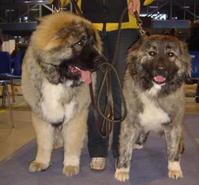 Kaukasischer Schäferhund Kavkazskoy Natsionalnosti NURBEK - Candidate Champion of Poland, Multi Best Male in Breed, Multi Best of Breed Winner, the most winning Junior Male in Poland in the year 2006 (winner of 6 International Shows in Poland in Junior Class + 6 times Best Junior), Junior Champion of Poland, Multi Junior Winner, Multi Best Junior in Breed, Winner of II FCI Junior's Group, one of 5 Best of Group final Winners, Best Puppy in Breed, Best of Breed Puppy and III Puppies Best in Show Winner (55 puppies in competition), 3rd BIS Junior.