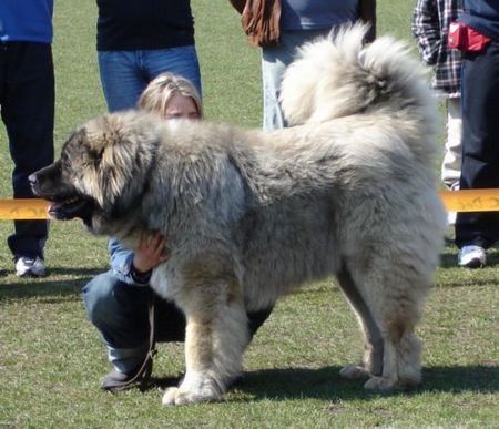 Kaukasischer Schäferhund Kavkazskoy Natsionalnosti NURBEK - Candidate Champion of Poland, Multi Best Male in Breed, Multi Best of Breed Winner, the most winning Junior Male in Poland in the year 2006 (winner of 6 International Shows in Poland in Junior Class + 6 times Best Junior), Junior Champion of Poland, Multi Junior Winner, Multi Best Junior in Breed, Winner of II FCI Juniors Group, one of 5 Best of Group final Winners, Best Puppy in Breed, Best of Breed Puppy and III Puppies Best in Show Winner (55 puppies in competition), 3rd BIS Junior.