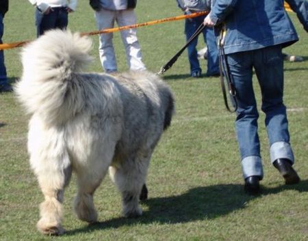 Kaukasischer Schäferhund Kavkazskoy Natsionalnosti NURBEK - Candidate Champion of Poland, Multi Best Male in Breed, Multi Best of Breed Winner, the most winning Junior Male in Poland in the year 2006 (winner of 6 International Shows in Poland in Junior Class + 6 times Best Junior), Junior Champion of Poland, Multi Junior Winner, Multi Best Junior in Breed, Winner of II FCI Junior\\\\\\\\\\\\\\\\\\\\\\\\\\\\\\\\\\\\\\\\\\\\\\\\\\\\\\\\\\\\\\\\\\\\\\\\\\\\\\\\\\\\\\\\\\\\\\\\\\\\\\\\\\\\\\\\\\\\\\\\\\\\\\\\\\\\\\\\\\\\\\\\\\\\\\\\\\\\\\\\\\\\\\\\\\\\\\\\\\\\\\\\\\\\\\\\\\\\\\\\\\\\\\\\\\\\\\\\\\\\\\\\\\\\\\\\\\\\\\\\\\\\\\\\\\\\\\\\\\\\\\\\\\\\\\\\\\\\\\\\\\\\\\\\\\\\\\\\\\\\\\\\\\\\\\\\\\\\\\\\\\\\\\\\\\\\\\\\\\\\\\\\\\\\\\\\\\\\\\\\\\\\\\\\\\\\\\\\\\\\\\\\\\\\\\\\\\\\\\\\\\\\\\\\\\\\\\\\\\\\\\\\\\\\\\\\\\\\\\\\\\\\\\\\\\\\\\\\\\\\\\\\\\\\\\\\\\\\\\\\\\\\\\\\\\\\\\\\\\\\\\\\\\\\\\\\\\\\\\\\\\\\\\\\\\\\\\\\\\\\\\\\\\\\\\\\\\\\\\\\\\\\\\\\\\\\\\\\\\\\\\\\\\\\\\\\\\\\\\\\\\\\\\\\\\\\\\\\\\\\\\\\\\\\\\\\\\\\\\\\\\\\\\\\\\\\\\\\\\\\\\\\\\\\\\\\\\\\\\\\\\\\\\\\\\\\\\\\\\\\\\\\\\\\\\\\\\\\\\\\\\\\\\\\\\\\\\\\\\\\\\\\\\\\\\\\\\\\\\\\\\\\\\\\\\\\\\\\\\\\\\\\\\\\\\\\\\\\\\\\\\\\\\\\\\\\\\\\\\\\\\\\\\\\\\\\\\\\\\\\\\\\\\\\\\\\\\\\\\\\\\\\\\\\\\\\\\\\\\\\\\\\\\\\\\\\\\\\\\\\\\\\\\\\\\\\\\\\\\\\\\\\\\\\\\\\\\\\\\\\\\\\\\\\\\\\\\\\\\\\\\\\\\\\\\\\\\\\\\\\\\\\\\\\\\\\\\\\\\\\\\\\\\\\\\\\\\\\\\\\\\\\\\\\\\\\\\\\\\\\\\\\\\\\\\\\\\\\\\\\\\\\\\\\\\\\\\\\\\\\\\\\\\\\\\\\\\\\\\\\\\\\\\\\\\\\\\\\\\\\\\\\\\\\\\\\\\\\\\\\\\\\\\\\\\\\\\\\\\\\\\\\\\\\\\\\\\\\\\\\\\\\\\\\\\\\\\\\\\\\\\\\\\\\\\\\\\\\\\\\\\\\\\\\\\\\\\\\\\\\\\\\\\\\\\\\\\\\\\\\\\\\\\\\\\\\\\\\\\\\\\\\\\\\\\\\\\\\\\\\\\\\\\\\\\\\\\\\\\\\\\\\\\\\\\\\\\\\\\\\\\\\\\\\\\\\\\\\\\\\\\\\\\\\\\\\\\\\\\\\\\\\\\\\\\\\\\\\\\\\\\\\\\\\\\\\\\\\\\\\\\\\\\\\\\\\\\\\\\\\\\\\\\\\\\\\\\\\\\\\\\\\\\\\\\\\\\\\\\\\\\\\\\\\\\\\\\\\\\\\\\\\\\\\\\\\\\\\\\\\\\\\\\\\\\\\\\\\\\\\\\\\\\\\\\\\\\\\\\\\\\\\\\\\\\\\\\\\\\\\\\\\\\\\\\\\\\\\\\\\\\\\\\\\\\\\\\\\\\\\\\\\\\\\\\\\\\\\\\\\\\\\\\\\\\\\\\\\\\\\\\\\\\\\\\\\\\\\\\\\\\\\\\\\\\\\\\\\\\\\\\\\\\\\\\\\\\\\\\\\\\\\\\\\\\\\\\\\\\\\\\\\\\\\\\\\\\\\\\\\\\\\\\\\\\\\\\\\\\\\\\\\\\\\\\\\\\\\\\\\\\\\\\\\\\\\\\\\\\\\\\\\\\\\\\\\\\\\\\\\\\\\\\\\\\\\\\\\\\\\\\\\\\\\\\\\\\\\\\\\\\\\\\\\\\\\\\\\\\\\\\\\\\\\\\\\\\\\\\\\\\\\\\\\\\\\\\\\\\\\\\\\\\\\\\\\\\\\\\\\\\\\\\\\\\\\\\\\\\\\\\\\\\\\\\\\\\\\\\\\\\\\\\\\\\\\\\\\\\\\\\\\\\\\\\\\\\\\\\\\\\\\\\\'s Group, one of 5 Best of Group final Winners, Best Puppy in Breed, Best of Breed Puppy and III Puppies Best in Show Winner (55 puppies in competition), 3rd BIS Junior.