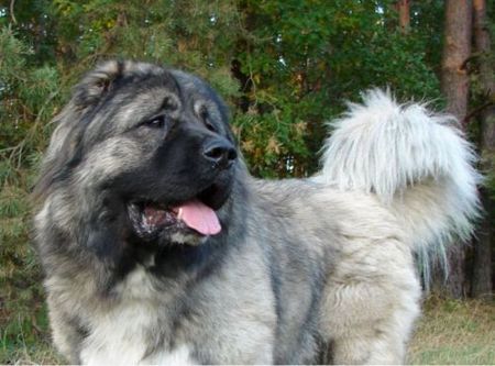 Kaukasischer Schäferhund Kavkazskoy Natsionalnosti NURBEK - Candidate Champion of Poland, Multi Best Male in Breed, Multi Best of Breed Winner, the most winning Junior Male in Poland in the year 2006 (winner of 6 International Shows in Poland in Junior Class + 6 times Best Junior), Junior Champion of Poland, Multi Junior Winner, Multi Best Junior in Breed, Winner of II FCI Junior\\\\\\\\\\\\\\\\\\\\\\\\\\\\\\\\\\\\\\\\\\\\\\\\\\\\\\\\\\\\\\\\\\\\\\\\\\\\\\\\\\\\\\\\\\\\\\\\\\\\\\\\\\\\\\\\\\\\\\\\\\\\\\\\\\\\\\\\\\\\\\\\\\\\\\\\\\\\\\\\\\\\\\\\\\\\\\\\\\\\\\\\\\\\\\\\\\\\\\\\\\\\\\\\\\\\\\\\\\\\\\\\\\\\\\\\\\\\\\\\\\\\\\\\\\\\\\\\\\\\\\\\\\\\\\\\\\\\\\\\\\\\\\\\\\\\\\\\\\\\\\\\\\\\\\\\\\\\\\\\\\\\\\\\\\\\\\\\\\\\\\\\\\\\\\\\\\\\\\\\\\\\\\\\\\\\\\\\\\\\\\\\\\\\\\\\\\\\\\\\\\\\\\\\\\\\\\\\\\\\\\\\\\\\\\\\\\\\\\\\\\\\\\\\\\\\\\\\\\\\\\\\\\\\\\\\\\\\\\\\\\\\\\\\\\\\\\\\\\\\\\\\\\\\\\\\\\\\\\\\\\\\\\\\\\\\\\\\\\\\\\\\\\\\\\\\\\\\\\\\\\\\\\\\\\\\\\\\\\\\\\\\\\\\\\\\\\\\\\\\\\\\\\\\\\\\\\\\\\\\\\\\\\\\\\\\\\\\\\\\\\\\\\\\\\\\\\\\\\\\\\\\\\\\\\\\\\\\\\\\\\\\\\\\\\\\\\\\\\\\\\\\\\\\\\\\\\\\\\\\\\\\\\\\\\\\\\\\\\\\\\\\\\\\\\\\\\\\\\\\\\\\\\\\\\\\\\\\\\\\\\\\\\\\\\\\\\\\\\\\\\\\\\\\\\\\\\\\\\\\\\\\\\\\\\\\\\\\\\\\\\\\\\\\\\\\\\\\\\\\\\\\\\\\\\\\\\\\\\\\\\\\\\\\\\\\\\\\\\\\\\\\\\\\\\\\\\\\\\\\\\\\\\\\\\\\\\\\\\\\\\\\\\\\\\\\\\\\\\\\\\\\\\\\\\\\\\\\\\\\\\\\\\\\\\\\\\\\\\\\\\\\\\\\\\\\\\\\\\\\\\\\\\\\\\\\\\\\\\\\\\\\\\\\\\\\\\\\\\\\\\\\\\\\\\\\\\\\\\\\\\\\\\\\\\\\\\\\\\\\\\\\\\\\\\\\\\\\\\\\\\\\\\\\\\\\\\\\\\\\\\\\\\\\\\\\\\\\\\\\\\\\\\\\\\\\\\\\\\\\\\\\\\\\\\\\\\\\\\\\\\\\\\\\\\\\\\\\\\\\\\\\\\\\\\\\\\\\\\\\\\\\\\\\\\\\\\\\\\\\\\\\\\\\\\\\\\\\\\\\\\\\\\\\\\\\\\\\\\\\\\\\\\\\\\\\\\\\\\\\\\\\\\\\\\\\\\\\\\\\\\\\\\\\\\\\\\\\\\\\\\\\\\\\\\\\\\\\\\\\\\\\\\\\\\\\\\\\\\\\\\\\\\\\\\\\\\\\\\\\\\\\\\\\\\\\\\\\\\\\\\\\\\\\\\\\\\\\\\\\\\\\\\\\\\\\\\\\\\\\\\\\\\\\\\\\\\\\\\\\\\\\\\\\\\\\\\\\\\\\\\\\\\\\\\\\\\\\\\\\\\\\\\\\\\\\\\\\\\\\\\\\\\\\\\\\\\\\\\\\\\\\\\\\\\\\\\\\\\\\\\\\\\\\\\\\\\\\\\\\\\\\\\\\\\\\\\\\\\\\\\\\\\\\\\\\\\\\\\\\\\\\\\\\\\\\\\\\\\\\\\\\\\\\\\\\\\\\\\\\\\\\\\\\\\\\\\\\\\\\\\\\\\\\\\\\\\\\\\\\\\\\\\\\\\\\\\\\\\\\\\\\\\\\\\\\\\\\\\\\\\\\\\\\\\\\\\\\\\\\\\\\\\\\\\\\\\\\\\\\\\\\\\\\\\\\\\\\\\\\\\\\\\\\\\\\\\\\\\\\\\\\\\\\\\\\\\\\\\\\\\\\\\\\\\\\\\\\\\\\\\\\\\\\\\\\\\\\\\\\\\\\\\\\\\\\\\\\\\\\\\\\\\\\\\\\\\\\\\\\\\\\\\\\\\\\\\\\\\\\\\\\\\\\\\\\\\\\\\\\\\\\\\\\\\\\\\\\\\\\\\\\\\\\\\\\\\\\\\\\\\\\\\\\\\\\\\\\\\\\\\\\\\\\\\\\\\\\\\\\\\\\\\\\\\\\\\\\\\\\\\\\\\\\\\\\\\\\\\\\\\\\\\\\\\\\\\\\\\\\\\\\\\\\\\\\\\\\\\\\\\\\\\\\\\\\\\\\\\\\\\\\\\\\\\\\\\\\\\\\\\\\\\\\\\\\\\\\\\\\\\\\\\\\\\\\\\\\\\\\\\\\\\\\\\\\\\\\\\\\\\\\\\\\\\\\\\\\\\\\\\\\\\\\\\\\\\\\\\\\\\\\\\\\\\\\\\\\\\\\\\\\\\\\\\\\\\\\\\\\\\\\\\\\\\\\\\\\\\\\\\\\\\\\\\\\\\\\\\\\\\\\\\\\\\\\\\\\\\\\\\\\\\\\\\\\\\\\\\\\\\\\\\\\\\\\\\\\\\\\\\\\\\\\\\\\\\\\\\\\\\\\\\\\\\\\\\\\\\\\\\\\\\\\\\\\\\\\\\\\\\\\\\\\\\\\\\\\\\\\\\\\\\\\\\\\\\\\\\\\\\\\\\\\\\\\\\\\\\\\\\\\\\\\\\\\\\\\\\\\\\\\\\\\\\\\\\\\\\\\\\\\\\\\\\\\\\\\\\\\\\\\\\\\\\\\\\\\\\\\\\\\\\\\\\\\\\\\\\\\\\\\\\\\\\\\\\\\\\\\\\\\\\\\\\\\\\\\\\\\\\\\\\\\\\\\\\\\\\\\\\\\\\\\\\\\\\\\\\\\\\\\\\\\\\\\\\\\\\\\\\\\\\\\\\\\\\\\\\\\\\\\\\\\\\\\\\\\\\\\\\\\\\\\\\\\\\\\\\\\\\\\\\\\\\\\\\\\\\\\\\\\\\\\\\\\\\\\\\\\\\\\\\\\\\\\\\\\\\\\\\\\\\\\\\\\\\\\\\\\\\\\\\\\\\\\\\\\\\\\\\\\\\\\\\\\\\\\\\\\\\\\\\\\\\\\\\\\\\\\\\\\\\\\\\\\\\\\\\\\\\\\\\\\\\\\\\\\\\\\\\\\\\\\\\\\\\\\\\\\\\\\\\\\\\\\\\\\\\\\\\\\\\\\\\\\\\\\\\\\\\\\\\\\\\\\\\\\\\\\\\\\\\\\\\\\\\\\\\\\\\\\\\\\\\\\\\\\\\\\\\\\\\\\\\\\\\\\\\\\\\\\\\\\\\\\\\\\\\\\\\\\\\\\\\\\\\\\\\\\\\\\\\\\\\\\\\\\\\\\\\\\\\\\\\\\\\\\\\\\\\\\\\\\\\\\\\\\\\\\\\\\\\\\\\\\\\\\\\\\\\\\\\\\\\\\\\\\\\\\\\\\\\\\\\\\\\\\\\\\\\\\\\\\\\\\\\\\\\\\\\\\\\\\\\\\\\\\\\\\\\\\\\\\\\\\\\\\\\\\\\\\\\\\\\\\\\\\\\\\\\\\\\\\\\\\\\\\\\\\\\\\\\\\\\\\\\\\\\\\\\\\\\\\\\\\\\\\\\\\\\\\\\\\\\\\\\\\\\\\\\\\\\\\\\\\\\\\\\\\\\\\\\\\\\\\\\\\\\\\\\\\\\\\\\\\\\\\\\\\\\\\\\\\\\\\\\\\\\\\\\\\\\\\\\\\\\\\\\\\\\\\\\\\\\\\\\\\\\\\\\\\\\\\\\\\\\\\\\\\\\\\\\\\\\\\\\\\\\\\\\\\\\\\\\\\\\\\\\\\\\\\\\\\\\\\\\\\\\\\\\\\\\\\\\\\\\\\\\\\\\\\\\\\\\\\\\\\\\\\\\\\\\\\\\\\\\\\\\\\\\\\\\\\\\\\\\\\\\\\\\\\\\\\\\\\\\\\\\\\\\\\\\\\\\\\\\\\\\\\\\\\\\\\\\\\\\\\\\\\\\\\\\\\\\\\\\\\\\\\\\\\\\\\\\\\\\\\\\\\\\\\\\\\\\\\\\\\\\\\\\\\\\\\\\\\\\\\\\\\\\\\\\\\\\\\\\\\\\\\\\\\\\\\\\\\\\\\\\\\\\\\\\\\\\\\\\\\\\\\\\\\\\\\\\\\\\\\\\\\\\\\\\\\\\\\\\\\\\\\\\\\\\\\\\\\\\\\\\\\\\\\\\\\\\\\\\\\\\\\\\\\\\\\\\\\\\\\\\\\\\\\\\\\\\\\\\\\\\\\\\\\\\\\\\\\\\\\\\\\\\\\\\\\\\\\\\\'s Group, one of 5 Best of Group final Winners, Best Puppy in Breed, Best of Breed Puppy and III Puppies Best in Show Winner (55 puppies in competition), 3rd BIS Junior.