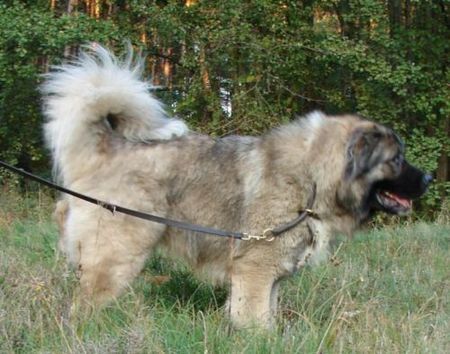 Kaukasischer Schäferhund Kavkazskoy Natsionalnosti NURBEK - Candidate Champion of Poland, Multi Best Male in Breed, Multi Best of Breed Winner, the most winning Junior Male in Poland in the year 2006 (winner of 6 International Shows in Poland in Junior Class + 6 times Best Junior), Junior Champion of Poland, Multi Junior Winner, Multi Best Junior in Breed, Winner of II FCI Junior\\\\\\\\\\\\\\\\\\\\\\\\\\\\\\\\\\\\\\\\\\\\\\\\\\\\\\\\\\\\\\\\\\\\\\\\\\\\\\\\\\\\\\\\\\\\\\\\\\\\\\\\\\\\\\\\\\\\\\\\\\\\\\\\\\\\\\\\\\\\\\\\\\\\\\\\\\\\\\\\\\\\\\\\\\\\\\\\\\\\\\\\\\\\\\\\\\\\\\\\\\\\\\\\\\\\\\\\\\\\\\\\\\\\\\\\\\\\\\\\\\\\\\\\\\\\\\\\\\\\\\\\\\\\\\\\\\\\\\\\\\\\\\\\\\\\\\\\\\\\\\\\\\\\\\\\\\\\\\\\\\\\\\\\\\\\\\\\\\\\\\\\\\\\\\\\\\\\\\\\\\\\\\\\\\\\\\\\\\\\\\\\\\\\\\\\\\\\\\\\\\\\\\\\\\\\\\\\\\\\\\\\\\\\\\\\\\\\\\\\\\\\\\\\\\\\\\\\\\\\\\\\\\\\\\\\\\\\\\\\\\\\\\\\\\\\\\\\\\\\\\\\\\\\\\\\\\\\\\\\\\\\\\\\\\\\\\\\\\\\\\\\\\\\\\\\\\\\\\\\\\\\\\\\\\\\\\\\\\\\\\\\\\\\\\\\\\\\\\\\\\\\\\\\\\\\\\\\\\\\\\\\\\\\\\\\\\\\\\\\\\\\\\\\\\\\\\\\\\\\\\\\\\\\\\\\\\\\\\\\\\\\\\\\\\\\\\\\\\\\\\\\\\\\\\\\\\\\\\\\\\\\\\\\\\\\\\\\\\\\\\\\\\\\\\\\\\\\\\\\\\\\\\\\\\\\\\\\\\\\\\\\\\\\\\\\\\\\\\\\\\\\\\\\\\\\\\\\\\\\\\\\\\\\\\\\\\\\\\\\\\\\\\\\\\\\\\\\\\\\\\\\\\\\\\\\\\\\\\\\\\\\\\\\\\\\\\\\\\\\\\\\\\\\\\\\\\\\\\\\\\\\\\\\\\\\\\\\\\\\\\\\\\\\\\\\\\\\\\\\\\\\\\\\\\\\\\\\\\\\\\\\\\\\\\\\\\\\\\\\\\\\\\\\\\\\\\\\\\\\\\\\\\\\\\\\\\\\\\\\\\\\\\\\\\\\\\\\\\\\\\\\\\\\\\\\\\\\\\\\\\\\\\\\\\\\\\\\\\\\\\\\\\\\\\\\\\\\\\\\\\\\\\\\\\\\\\\\\\\\\\\\\\\\\\\\\\\\\\\\\\\\\\\\\\\\\\\\\\\\\\\\\\\\\\\\\\\\\\\\\\\\\\\\\\\\\\\\\\\\\\\\\\\\\\\\\\\\\\\\\\\\\\\\\\\\\\\\\\\\\\\\\\\\\\\\\\\\\\\\\\\\\\\\\\\\\\\\\\\\\\\\\\\\\\\\\\\\\\\\\\\\\\\\\\\\\\\\\\\\\\\\\\\\\\\\\\\\\\\\\\\\\\\\\\\\\\\\\\\\\\\\\\\\\\\\\\\\\\\\\\\\\\\\\\\\\\\\\\\\\\\\\\\\\\\\\\\\\\\\\\\\\\\\\\\\\\\\\\\\\\\\\\\\\\\\\\\\\\\\\\\\\\\\\\\\\\\\\\\\\\\\\\\\\\\\\\\\\\\\\\\\\\\\\\\\\\\\\\\\\\\\\\\\\\\\\\\\\\\\\\\\\\\\\\\\\\\\\\\\\\\\\\\\\\\\\\\\\\\\\\\\\\\\\\\\\\\\\\\\\\\\\\\\\\\\\\\\\\\\\\\\\\\\\\\\\\\\\\\\\\\\\\\\\\\\\\\\\\\\\\\\\\\\\\\\\\\\\\\\\\\\\\\\\\\\\\\\\\\\\\\\\\\\\\\\\\\\\\\\\\\\\\\\\\\\\\\\\\\\\\\\\\\\\\\\\\\\\\\\\\\\\\\\\\\\\\\\\\\\\\\\\\\\\\\\\\\\\\\\\\\\\\\\\\\\\\\\\\\\\\\\\\\\\\\\\\\\\\\\\\\\\\\\\\\\\\\\\\\\\\\\\\\\\\\\\\\\\\\\\\\\\\\\\\\\\\\\\\\\\\\\\\\\\\\\\\\\\\\\\\\\\\\\\\\\\\\\\\\\\\\\\\\\\\\\\\\\\\\\\\\\\\\\\\\\\\\\\\\\\\\\\\\\\\\\\\\\\\\\\\\\\\\\\\\\\\\\\\\\\\\\\\\\\\\\\\\\\\\\\\\\\\\\\\\\\\\\\\\\\\\\\\\\\\\\\\\\\\\\\\\\\\\\\\\\\\\\\\\\\\\\\\\\\\\\\\\\\\\\\\\\\\\\\\\\\\\\\\\\\\\\\\\\\\\\\\\\\\\\\\\\\\\\\\\\\\\\\\\\\\\\\\\\\\\\\\\\\\\\\\\\\\\\\\\\\\\\\\\\\\\\\\\\\\\\\\\\\\\\\\\\\\\\\\\\\\\\\\\\\\\\\\\\\\\\\\\\\\\\\\\\\\\\\\\\\\\\\\\\\\\\\\\\\\\\\\\\\\\\\\\\\\\\\\\\\\\\\\\\\\\\\\\\\\\\\\\\\\\\\\\\\\\\\\\\\\\\\\\\\\\\\\\\\\\\\\\\\\\\\\\\\\\\\\\\\\\\\\\\\\\\\\\\\\\\\\\\\\\\\\\\\\\\\\\\\\\\\\\\\\\\\\\\\\\\\\\\\\\\\\\\\\\\\\\\\\\\\\\\\\\\\\\\\\\\\\\\\\\\\\\\\\\\\\\\\\\\\\\\\\\\\\\\\\\\\\\\\\\\\\\\\\\\\\\\\\\\\\\\\\\\\\\\\\\\\\\\\\\\\\\\\\\\\\\\\\\\\\\\\\\\\\\\\\\\\\\\\\\\\\\\\\\\\\\\\\\\\\\\\\\\\\\\\\\\\\\\\\\\\\\\\\\\\\\\\\\\\\\\\\\\\\\\\\\\\\\\\\\\\\\\\\\\\\\\\\\\\\\\\\\\\\\\\\\\\\\\\\\\\\\\\\\\\\\\\\\\\\\\\\\\\\\\\\\\\\\\\\\\\\\\\\\\\\\\\\\\\\\\\\\\\\\\\\\\\\\\\\\\\\\\\\\\\\\\\\\\\\\\\\\\\\\\\\\\\\\\\\\\\\\\\\\\\\\\\\\\\\\\\\\\\\\\\\\\\\\\\\\\\\\\\\\\\\\\\\\\\\\\\\\\\\\\\\\\\\\\\\\\\\\\\\\\\\\\\\\\\\\\\\\\\\\\\\\\\\\\\\\\\\\\\\\\\\\\\\\\\\\\\\\\\\\\\\\\\\\\\\\\\\\\\\\\\\\\\\\\\\\\\\\\\\\\\\\\\\\\\\\\\\\\\\\\\\\\\\\\\\\\\\\\\\\\\\\\\\\\\\\\\\\\\\\\\\\\\\\\\\\\\\\\\\\\\\\\\\\\\\\\\\\\\\\\\\\\\\\\\\\\\\\\\\\\\\\\\\\\\\\\\\\\\\\\\\\\\\\\\\\\\\\\\\\\\\\\\\\\\\\\\\\\\\\\\\\\\\\\\\\\\\\\\\\\\\\\\\\\\\\\\\\\\\\\\\\\\\\\\\\\\\\\\\\\\\\\\\\\\\\\\\\\\\\\\\\\\\\\\\\\\\\\\\\\\\\\\\\\\\\\\\\\\\\\\\\\\\\\\\\\\\\\\\\\\\\\\\\\\\\\\\\\\\\\\\\\\\\\\\\\\\\\\\\\\\\\\\\\\\\\\\\\\\\\\\\\\\\\\\\\\\\\\\\\\\\\\\\\\\\\\\\\\\\\\\\\\\\\\\\\\\\\\\\\\\\\\\\\\\\\\\\\\\\\\\\\\\\\\\\\\\\\\\\\\\\\\\\\\\\\\\\\\\\\\\\\\\\\\\\\\\\\\\\\\\\\\\\\\\\\\\\\\\\\\\\\\\\\\\\\\\\\\\\\\\\\\\\\\\\\\\\\\\\\\\\\\\\\\\\\\\\\\\\\\\\\\\\\\\\\\\\\\\\\\\\\\\\\\\\\\\\\\\\\\\\\\\\\\\\\\\\\\\\\\\\\\\\\\\\\\\\\\\\\\\\\\\\\\\\\\\\\\\\\\\\\\\\\\\\\\\\\\\\\\\\\\\\\\\\\\\\\\\\\\\\\\\\\\\\\\\\\\\\\\\\\\\\\\\\\\\\\\\\\\\\\\\\\\\\\\\\\\\\\\\\\\\\\\\\\\\\\\\\\\\\\\\\\\\\\\\\\\\\\\\\\\\\\\\\\\\\\\\\\\\\\\\\\\\\\\\\\\\\\\\\\\\\\\\\\\\\\\\\\\\\\\\\\\\\\\\\\\\\\\\\\\\\\\\\\\\\\\\\\\\\\\\\\\\\\\\\\\\\\\\\\\\\\\\\\\\\\\\\\\\\\\\\\\\\\\\\\\\\\\\\\\\\\\\\\\\\\\\\\\\\\\\\\\\\\\\\\\\\\\\\\\\\\\\\\\\\\\\\\\\\\\\\\\\\\\\\\\\\\\\\\\\\\\\\\\\\\\\\\\\\\\\\\\\\\\\\\\\\\\\\\\\\\\\\\\\\\\\\\\\\\\\\\\\\\\\\\\\\\\\\\\\\\\\\\\\\\\\\\\\\\\\\\\\\\\\\\\\\\\\\\\\\\\\\\\\\\\\\\\\\\\\\\\\\\\\\\\\\\\\\\\\\\\\\\\\\\\\\\\\\\\\\\\\\\\\\\\\\\\\\\\\\\\\\\\\\\\\\\\\\\\\\\\\\\\\\\\\\\\\\\\\\\\\\\\\\\\\\\\\\\\\\\\\\\\\\\\\\\\\\\\\\\\\\\\\\\\\\\\\\\\\\\\\\\\\\\\\\\\\\\\\\\\\\\\\\\\\\\\\\\\\\\\\\\\\\\\\\\\\\\\\\\\\\\\\\\\\\\\\\\\\\\\\\\\\\\\\\\\\\\\\\\\\\\\\\\\\\\\\\\\\\\\\\\\\\\\\\\\\\\\\\\\\\\\\\\\\\\\\\\\\\\\\\\\\\\\\\\\\\\\\\\\\\\\\\\\\\\\\\\\\\\\\\\\\\\\\\\\\\\\\\\\\\\\\\\\\\\\\\\\\\\\\\\\\\\\\\\\\\\\\\\\\\\\\\\\\\\\\\\\\\\\\\\\\\\\\\\\\\\\\\\\\\\\\\\\\\\\\\\\\\\\\\\\\\\\\\\\\\\\\\\\\\\\\\\\\\\\\\\\\\\\\\\\\\\\\\\\\\\\\\\\\\\\\\\\\\\\\\\\\\\\\\\\\\\\\\\\\\\\\\\\\\\\\\\\\\\\\\\\\\\\\\\\\\\\\\\\\\\\\\\\\\\\\\\\\\\\\\\\\\\\\\\\\\\\\\\\\\\\\\\\\\\\\\\\\\\\\\\\\\\\\\\\\\\\\\\\\\\\\\\\\\\\\\\\\\\\\\\\\\\\\\\\\\\\\\\\\\\\\\\\\\\\\\\\\\\\\\\\\\\\\\\\\\\\\\\\\\\\\\\\\\\\\\\\\\\\\\\\\\\\\\\\\\\\\\\\\\\\\\\\\\\\\\\\\\\\\\\\\\\\\\\\\\\\\\\\\\\\\\\\\\\\\\\\\\\\\\\\\\\\\\\\\\\\\\\\\\\\\\\\\\\\\\\\\\\\\\\\\\\\\\\\\\\\\\\\\\\\\\\\\\\\\\\\\\\\\\\\\\\\\\\\\\\\\\\\\\\\\\\\\\\\\\\\\\\\\\\\\\\\\\\\\\\\\\\\\\\\\\\\\\\\\\\\\\\\\\\\\\\\\\\\\\\\\\\\\\\\\\\\\\\\\\\\\\\\\\\\\\\\\\\\\\\\\\\\\\\\\\\\\\\\\\\\\\\\\\\\\\\\\\\\\\\\\\\\\\\\\\\\\\\\\\\\\\\\\\\\\\\\\\\\\\\\\\\\\\\\\\\\\\\\\\\\\\\\\\\\\\\\\\\\\\\\\\\\\\\\\\\\\\\\\\\\\\\\\\\\\\\\\\\\\\\\\\\\\\\\\\\\\\\\\\\\\\\\\\\\\\\\\\\\\\\\\\\\\\\\\\\\\\\\\\\\\\\\\\\\\\\\\\\\\\\\\\\\\\\\\\\\\\\\\\\\\\\\\\\\\\\\\\\\\\\\\\\\\\\\\\\\\\\\\\\\\\\\\\\\\\\\\\\\\\\\\\\\\\\\\\\\\\\\\\\\\\\\\\\\\\\\\\\\\\\\\\\\\\\\\\\\\\\\\\\\\\\\\\\\\\\\\\\\\\\\\\\\\\\\\\\\\\\\\\\\\\\\\\\\\\\\\\\\\\\\\\\\\\\\\\\\\\\\\\\\\\\\\\\\\\\\\\\\\\\\\\\\\\\\\\\\\\\\\\\\\\\\\\\\\\\\\\\\\\\\\\\\\\\\\\\\\\\\\\\\\\\\\\\\\\\\\\\\\\\\\\\\\\\\\\\\\\\\\\\\\\\\\\\\\\\\\\\\\\\\\\\\\\\\\\\\\\\\\\\\\\\\\\\\\\\\\\\\\\\\\\\\\\\\\\\\\\\\\\\\\\\\\\\\\\\\\\\\\\\\\\\\\\\\\\\\\\\\\\\\\\\\\\\\\\\\\\\\\\\\\\\\\\\\\\\\\\\\\\\\\\\\\\\\\\\\\\\\\\\\\\\\\\\\\\\\\\\\\\\\\\\\\\\\\\\\\\\\\\\\\\\\\\\\\\\\\\\\\\\\\\\\\\\\\\\\\\\\\\\\\\\\\\\\\\\\\\\\\\\\\\\\\\\\\\\\\\\\\\\\\\\\\\\\\\\\\\\\\\\\\\\\\\\\\\\\\\\\\\\\\\\\\\\\\\\\\\\\\\\\\\\\\\\\\\\\\\\\\\\\\\\\\\\\\\\\\\\\\\\\\\\\\\\\\\\\\\\\\\\\\\\\\\\\\\\\\\\\\\\\\\\\\\\\\\\\\\\\\\\\\\\\\\\\\\\\\\\\\\\\\\\\\\\\\\\\\\\\\\\\\\\\\\\\\\\\\\\\\\\\\\\\\\\\\\\\\\\\\\\\\\\\\\\\\\\\\\\\\\\\\\\\\\\\\\\\\\\\\\\\\\\\\\\\\\\\\\\\\\\\\\\\\\\\\\\\\\\\\\\\\\\\\\\\\\\\\\\\\\\\\\\\\\\\\\\\\\\\\\\\\\\\\\\\\\\\\\\\\\\\\\\\\\\\\\\\\\\\\\\\\\\\\\\\\\\\\\\\\\\\\\\\\\\\\\\\\\\\\\\\\\\\\\\\\\\\\\\\\\\\\\\\\\\\\\\\\\\\\\\\\\\\\\\\\\\\\\\\\\\\\\\\\\\\\\\\\\\\\\\\\\\\\\\\\\\\\\\\\\\\\\\\\\\\\\\\\\\\\\\\\\\\\\\\\\\\\\\\\\\\\\\\\\\\\\\\\\\\\\\\\\\\\\\\\\\\\\\\\\\\\\\\\\\\\\\\\\\\\\\\\\\\\\\\\\\\\\\\\\\\\\\\\\\\\\\\\\\\\\\\\\\\\\\\\\\\\\\\\\\\\\\\\\\\\\\\\\\\\\\\\\\\\\\\\\\\\\\\\\\\\\\\\\\\\\\\\\\\\\\\\\\\\\\\\\\\\\\\\\\\\\\\\\\\\\\\\\\\\\\\\\\\\\\\\\\\\\\\\\\\\\\\\\\\\\\\\\\\\\\\\\\\\\\\\\\\\\\\\\\\\\\\\\\\\\\\\\\\\\\\\\\\\\\\\\\\\\\\\\\\\\\\\\\\\\\\\\\\\\\\\\\\\\\\\\\\\\\\\\\\\\\\\\\\\\\\\\\\\\\\\\\\\\\\\\\\\\\\\\\\\\\\\\\\\\\\\\\\\\\\\\\\\\\\\\\\\\\\\\\\\\\\\\\\\\\\\\\\\\\\\\\\\\\\\\\\\\\\\\\\\\\\\\\\\\\\\\\\\\\\\\\\\\\\\\\\\\\\\\\\\\\\\\\\\\\\\\\\\\\\\\\\\\\\\\\\\\\\\\\\\\\\\\\\\\\\\\\\\\\\\\\\\\\\\\\\\\\\\\\\\\\\\\\\\\\\\\\\\\\\\\\\\\\\\\\\\\\\\\\\\\\\\\\\\\\\\\\\\\\\\\\\\\\\\\\\\\\\\\\\\\\\\\\\\\\\\\\\\\\\\\\\\\\\\\\\\\\\\\\\\\\\\\\\\\\\\\\\\\\\\\\\\\\\\\\\\\\\\\\\\\\\\\\\\\\\\\\\\\\\\\\\\\\\\\\\\\\\\\\\\\\\\\\\\\\\\\\\\\\\\\\\\\\\\\\\\\\\\\\\\\\\\\\\\\\\\\\\\\\\\\\\\\\\\\\\\\\\\\\\\\\\\\\\\\\\\\\\\\\\\\\\\\\\\\\\\\\\\\\\\\\\\\\\\\\\\\\\\\\\\\\\\\\\\\\\\\\\\\\\\\\\\\\\\\\\\\\\\\\\\\\\\\\\\\\\\\\\\\\\\\\\\\\\\\\\\\\\\\\\\\\\\\\\\\\\\\\\\\\\\\\\\\\\\\\\\\\\\\\\\\\\\\\\\\\\\\\\\\\\\\\\\\\\\\\\\\\\\\\\\\\\\\\\\\\\\\\\\\\\\\\\\\\\\\\\\\\\\\\\\\\\\\\\\\\\\\\\\\\\\\\\\\\\\\\\\\\\\\\\\\\\\\\\\\\\\\\\\\\\\\\\\\\\\\\\\\\\\\\\\\\\\\\\\\\\\\\\\\\\\\\\\\\\\\\\\\\\\\\\\\\\\\\\\\\\\\\\\\\\\\\\\\\\\\\\\\\\\\\\\\\\\\\\\\\\\\\\\\\\\\\\\\'s Group, one of 5 Best of Group final Winners, Best Puppy in Breed, Best of Breed Puppy and III Puppies Best in Show Winner (55 puppies in competition), 3rd BIS Junior.