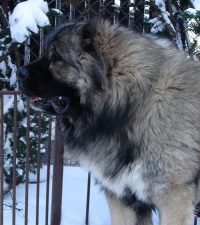 Kaukasischer Schäferhund Kavkazskoy Natsionalnosti NURBEK - Candidate Champion of Poland, Multi Best Male in Breed, Multi Best of Breed Winner, the most winning Junior Male in Poland in the year 2006 (winner of 6 International Shows in Poland in Junior Class + 6 times Best Junior), Junior Champion of Poland, Multi Junior Winner, Multi Best Junior in Breed, Winner of II FCI Junior\\\\\\\\\\\\\\\\\\\\\\\\\\\\\\\\\\\\\\\\\\\\\\\\\\\\\\\\\\\\\\\\\\\\\\\\\\\\\\\\\\\\\\\\\\\\\\\\\\\\\\\\\\\\\\\\\\\\\\\\\\\\\\\\\\\\\\\\\\\\\\\\\\\\\\\\\\\\\\\\\\\\\\\\\\\\\\\\\\\\\\\\\\\\\\\\\\\\\\\\\\\\\\\\\\\\\\\\\\\\\\\\\\\\\\\\\\\\\\\\\\\\\\\\\\\\\\\\\\\\\\\\\\\\\\\\\\\\\\\\\\\\\\\\\\\\\\\\\\\\\\\\\\\\\\\\\\\\\\\\\\\\\\\\\\\\\\\\\\\\\\\\\\\\\\\\\\\\\\\\\\\\\\\\\\\\\\\\\\\\\\\\\\\\\\\\\\\\\\\\\\\\\\\\\\\\\\\\\\\\\\\\\\\\\\\\\\\\\\\\\\\\\\\\\\\\\\\\\\\\\\\\\\\\\\\\\\\\\\\\\\\\\\\\\\\\\\\\\\\\\\\\\\\\\\\\\\\\\\\\\\\\\\\\\\\\\\\\\\\\\\\\\\\\\\\\\\\\\\\\\\\\\\\\\\\\\\\\\\\\\\\\\\\\\\\\\\\\\\\\\\\\\\\\\\\\\\\\\\\\\\\\\\\\\\\\\\\\\\\\\\\\\\\\\\\\\\\\\\\\\\\\\\\\\\\\\\\\\\\\\\\\\\\\\\\\\\\\\\\\\\\\\\\\\\\\\\\\\\\\\\\\\\\\\\\\\\\\\\\\\\\\\\\\\\\\\\\\\\\\\\\\\\\\\\\\\\\\\\\\\\\\\\\\\\\\\\\\\\\\\\\\\\\\\\\\\\\\\\\\\\\\\\\\\\\\\\\\\\\\\\\\\\\\\\\\\\\\\\\\\\\\\\\\\\\\\\\\\\\\\\\\\\\\\\\\\\\\\\\\\\\\\\\\\\\\\\\\\\\\\\\\\\\\\\\\\\\\\\\\\\\\\\\\\\\\\\\\\\\\\\\\\\\\\\\\\\\\\\\\\\\\\\\\\\\\\\\\\\\\\\\\\\\\\\\\\\\\\\\\\\\\\\\\\\\\\\\\\\\\\\\\\\\\\\\\\\\\\\\\\\\\\\\\\\\\\\\\\\\\\\\\\\\\\\\\\\\\\\\\\\\\\\\\\\\\\\\\\\\\\\\\\\\\\\\\\\\\\\\\\\\\\\\\\\\\\\\\\\\\\\\\\\\\\\\\\\\\\\\\\\\\\\\\\\\\\\\\\\\\\\\\\\\\\\\\\\\\\\\\\\\\\\\\\\\\\\\\\\\\\\\\\\\\\\\\\\\\\\\\\\\\\\\\\\\\\\\\\\\\\\\\\\\\\\\\\\\\\\\\\\\\\\\\\\\\\\\\\\\\\\\\\\\\\\\\\\\\\\\\\\\\\\\\\\\\\\\\\\\\\\\\\\\\\\\\\\\\\\\\\\\\\\\\\\\\\\\\\\\\\\\\\\\\\\\\\\\\\\\\\\\\\\\\\\\\\\\\\\\\\\\\\\\\\\\\\\\\\\\\\\\\\\\\\\\\\\\\\\\\\\\\\\\\\\\\\\\\\\\\\\\\\\\\\\\\\\\\\\\\\\\\\\\\\\\\\\\\\\\\\\\\\\\\\\\\\\\\\\\\\\\\\\\\\\\\\\\\\\\\\\\\\\\\\\\\\\\\\\\\\\\\\\\\\\\\\\\\\\\\\\\\\\\\\\\\\\\\\\\\\\\\\\\\\\\\\\\\\\\\\\\\\\\\\\\\\\\\\\\\\\\\\\\\\\\\\\\\\\\\\\\\\\\\\\\\\\\\\\\\\\\\\\\\\\\\\\\\\\\\\\\\\\\\\\\\\\\\\\\\\\\\\\\\\\\\\\\\\\\\\\\\\\\\\\\\\\\\\\\\\\\\\\\\\\\\\\\\\\\\\\\\\\\\\\\\\\\\\\\\\\\\\\\\\\\\\\\\\\\\\\\\\\\\\\\\\\\\\\\\\\\\\\\\\\\\\\\\\\\\\\\\\\\\\\\\\\\\\\\\\\\\\\\\\\\\\\\\\\\\\\\\\\\\\\\\\\\\\\\\\\\\\\\\\\\\\\\\\\\\\\\\\\\\\\\\\\\\\\\\\\\\\\\\\\\\\\\\\\\\\\\\\\\\\\\\\\\\\\\\\\\\\\\\\\\\\\\\\\\\\\\\\\\\\\\\\\\\\\\\\\\\\\\\\\\\\\\\\\\\\\\\\\\\\\\\\\\\\\\\\\\\\\\\\\\\\\\\\\\\\\\\\\\\\\\\\\\\\\\\\\\\\\\\\\\\\\\\\\\\\\\\\\\\\\\\\\\\\\\\\\\\\\\\\\\\\\\\\\\\\\\\\\\\\\\\\\\\\\\\\\\\\\\\\\\\\\\\\\\\\\\\\\\\\\\\\\\\\\\\\\\\\\\\\\\\\\\\\\\\\\\\\\\\\\\\\\\\\\\\\\\\\\\\\\\\\\\\\\\\\\\\\\\\\\\\\\\\\\\\\\\\\\\\\\\\\\\\\\\\\\\\\\\\\\\\\\\\\\\\\\\\\\\\\\\\\\\\\\\\\\\\\\\\\\\\\\\\\\\\\\\\\\\\\\\\\\\\\\\\\\\\\\\\\\\\\\\\\\\\\\\\\\\\\\\\\\\\\\\\\\\\\\\\\\\\\\\\\\\\\\\\\\\\\\\\\\\\\\\\\\\\\\\\\\\\\\\\\\\\\\\\\\\\\\\\\\\\\\\\\\\\\\\\\\\\\\\\\\\\\\\\\\\\\\\\\\\\\\\\\\\\\\\\\\\\\\\\\\\\\\\\\\\\\\\\\\\\\\\\\\\\\\\\\\\\\\\\\\\\\\\\\\\\\\\\\\\\\\\\\\\\\\\\\\\\\\\\\\\\\\\\\\\\\\\\\\\\\\\\\\\\\\\\\\\\\\\\\\\\\\\\\\\\\\\\\\\\\\\\\\\\\\\\\\\\\\\\\\\\\\\\\\\\\\\\\\\\\\\\\\\\\\\\\\\\\\\\\\\\\\\\\\\\\\\\\\\\\\\\\\\\\\\\\\\\\\\\\\\\\\\\\\\\\\\\\\\\\\\\\\\\\\\\\\\\\\\\\\\\\\\\\\\\\\\\\\\\\\\\\\\\\\\\\\\\\\\\\\\\\\\\\\\\\\\\\\\\\\\\\\\\\\\\\\\\\\\\\\\\\\\\\\\\\\\\\\\\\\\\\\\\\\\\\\\\\\\\\\\\\\\\\\\\\\\\\\\\\\\\\\\\\\\\\\\\\\\\\\\\\\\\\\\\\\\\\\\\\\\\\\\\\\\\\\\\\\\\\\\\\\\\\\\\\\\\\\\\\\\\\\\\\\\\\\\\\\\\\\\\\\\\\\\\\\\\\\\\\\\\\\\\\\\\\\\\\\\\\\\\\\\\\\\\\\\\\\\\\\\\\\\\\\\\\\\\\\\\\\\\\\\\\\\\\\\\\\\\\\\\\\\\\\\\\\\\\\\\\\\\\\\\\\\\\\\\\\\\\\\\\\\\\\\\\\\\\\\\\\\\\\\\\\\\\\\\\\\\\\\\\\\\\\\\\\\\\\\\\\\\\\\\\\\\\\\\\\\\\\\\\\\\\\\\\\\\\\\\\\\\\\\\\\\\\\\\\\\\\\\\\\\\\\\\\\\\\\\\\\\\\\\\\\\\\\\\\\\\\\\\\\\\\\\\\\\\\\\\\\\\\\\\\\\\\\\\\\\\\\\\\\\\\\\\\\\\\\\\\\\\\\\\\\\\\\\\\\\\\\\\\\\\\\\\\\\\\\\\\\\\\\\\\\\\\\\\\\\\\\\\\\\\\\\\\\\\\\\\\\\\\\\\\\\\\\\\\\\\\\\\\\\\\\\\\\\\\\\\\\\\\\\\\\\\\\\\\\\\\\\\\\\\\\\\\\\\\\\\\\\\\\\\\\\\\\\\\\\\\\\\\\\\\\\\\\\\\\\\\\\\\\\\\\\\\\\\\\\\\\\\\\\\\\\\\\\\\\\\\\\\\\\\\\\\\\\\\\\\\\\\\\\\\\\\\\\\\\\\\\\\\\\\\\\\\\\\\\\\\\\\\\\\\\\\\\\\\\\\\\\\\\\\\\\\\\\\\\\\\\\\\\\\\\\\\\\\\\\\\\\\\\\\\\\\\\\\\\\\\\\\\\\\\\\\\\\\\\\\\\\\\\\\\\\\\\\\\\\\\\\\\\\\\\\\\\\\\\\\\\\\\\\\\\\\\\\\\\\\\\\\\\\\\\\\\\\\\\\\\\\\\\\\\\\\\\\\\\\\\\\\\\\\\\\\\\\\\\\\\\\\\\\\\\\\\\\\\\\\\\\\\\\\\\\\\\\\\\\\\\\\\\\\\\\\\\\\\\\\\\\\\\\\\\\\\\\\\\\\\\\\\\\\\\\\\\\\\\\\\\\\\\\\\\\\\\\\\\\\\\\\\\\\\\\\\\\\\\\\\\\\\\\\\\\\\\\\\\\\\\\\\\\\\\\\\\\\\\\\\\\\\\\\\\\\\\\\\\\\\\\\\\\\\\\\\\\\\\\\\\\\\\\\\\\\\\\\\\\\\\\\\\\\\\\\\\\\\\\\\\\\\\\\\\\\\\\\\\\\\\\\\\\\\\\\\\\\\\\\\\\\\\\\\\\\\\\\\\\\\\\\\\\\\\\\\\\\\\\\\\\\\\\\\\\\\\\\\\\\\\\\\\\\\\\\\\\\\\\\\\\\\\\\\\\\\\\\\\\\\\\\\\\\\\\\\\\\\\\\\\\\\\\\\\\\\\\\\\\\\\\\\\\\\\\\\\\\\\\\\\\\\\\\\\\\\\\\\\\\\\\\\\\\\\\\\\\\\\\\\\\\\\\\\\\\\\\\\\\\\\\\\\\\\\\\\\\\\\\\\\\\\\\\\\\\\\\\\\\\\\\\\\\\\\\\\\\\\\\\\\\\\\\\\\\\\\\\\\\\\\\\\\\\\\\\\\\\\\\\\\\\\\\\\\\\\\\\\\\\\\\\\\\\\\\\\\\\\\\\\\\\\\\\\\\\\\\\\\\\\\\\\\\\\\\\\\\\\\\\\\\\\\\\\\\\\\\\\\\\\\\\\\\\\\\\\\\\\\\\\\\\\\\\\\\\\\\\\\\\\\\\\\\\\\\\\\\\\\\\\\\\\\\\\\\\\\\\\\\\\\\\\\\\\\\\\\\\\\\\\\\\\\\\\\\\\\\\\\\\\\\\\\\\\\\\\\\\\\\\\\\\\\\\\\\\\\\\\\\\\\\\\\\\\\\\\\\\\\\\\\\\\\\\\\\\\\\\\\\\\\\\\\\\\\\\\\\\\\\\\\\\\\\\\\\\\\\\\\\\\\\\\\\\\\\\\\\\\\\\\\\\\\\\\\\\\\\\\\\\\\\\\\\\\\\\\\\\\\\\\\\\\\\\\\\\\\\\\\\\\\\\\\\\\\\\\\\\\\\\\\\\\\\\\\\\\\\\\\\\\\\\\\\\\\\\\\\\\\\\\\\\\\\\\\\\\\\\\\\\\\\\\\\\\\\\\\\\\\\\\\\\\\\\\\\\\\\\\\\\\\\\\\\\\\\\\\\\\\\\\\\\\\\\\\\\\\\\\\\\\\\\\\\\\\\\\\\\\\\\\\\\\\\\\\\\\\\\\\\\\\\\\\\\\\\\\\\\\\\\\\\\\\\\\\\\\\\\\\\\\\\\\\\\\\\\\\\\\\\\\\\\\\\\\\\\\\\\\\\\\\\\\\\\\\\\\\\\\\\\\\\\\\\\\\\\\\\\\\\\\\\\\\\\\\\\\\\\\\\\\\\\\\\\\\\\\\\\\\\\\\\\\\\\\\\\\\\\\\\\\\\\\\\\\\\\\\\\\\\\\\\\\\\\\\\\\\\\\\\\\\\\\\\\\\\\\\\\\\\\\\\\\\\\\\\\\\\\\\\\\\\\\\\\\\\\\\\\\\\\\\\\\\\\\\\\\\\\\\\\\\\\\\\\\\\\\\\\\\\\\\\\\\\\\\\\\\\\\\\\\\\\\\\\\\\\\\\\\\\\\\\\\\\\\\\\\\\\\\\\\\\\\\\\\\\\\\\\\\\\\\\\\\\\\\\\\\\\\\\\\\\\\\\\\\\\\\\\\\\\\\\\\\\\\\\\\\\\\\\\\\\\\\\\\\\\\\\\\\\\\\\\\\\\\\\\\\\\\\\\\\\\\\\\\\\\\\\\\\\\\\\\\\\\\\\\\\\\\\\\\\\\\\\\\\\\\\\\\\\\\\\\\\\\\\\\\\\\\\\\\\\\\\\\\\\\\\\\\\\\\\\\\\\\\\\\\\\\\\\\\\\\\\\\\\\\\\\\\\\\\\\\\\\\\\\\\\\\\\\\\\\\\\\\\\\\\\\\\\\\\\\\\\\\\\\\\\\\\\\\\\\\\\\\\\\\\\\\\\\\\\\\\\\\\\\\\\\\\\\\\\\\\\\\\\\\\\\\\\\\\\\\\\\\\\\\\\\\\\\\\\\\\\\\\\\\\\\\\\\\\\\\\\\\\\\\\\\\\\\\\\\\\\\\\\\\\\\\\\\\\\\\\\\\\\\\\\\\\\\\\\\\\\\\\\\\\\\\\\\\\\\\\\\\\\\\\\\\\\\\\\\\\\\\\\\\\\\\\\\\\\\\\\\\\\\\\\\\\\\\\\\\\\\\\\\\\\\\\\\\\\\\\\\\\\\\\\\\\\\\\\\\\\\\\\\\\\\\\\\\\\\\\\\\\\\\\\\\\\\\\\\\\\\\\\\\\\\\\\\\\\\\\\\\\\\\\\\\\\\\\\\\\\\\\\\\\\\\\\\\\\\\\\\\\\\\\\\\\\\\\\\\\\\\\\\\\\\\\\\\\\\\\\\\\\\\\\\\\\\\\\\\\\\\\\\\\\\\\\\\\\\\\\\\\\\\\\\\\\\\\\\\\\\\\\\\\\\\\\\\\\\\\\\\\\\\\\\\\\\\\\\\\\\\\\\\\\\\\\\\\\\\\\\\\\\\\\\\\\\\\\\\\\\\\\\\\\\\\\\\\\\\\\\\\\\\\\\\\\\\\\\\\\\\\\\\\\\\\\\\\\\\\\\\\\\\\\\\\\\\\\\\\\\\\\\\\\\\\\\\\\\\\\\\\\\\\\\\\\\\\\\\\\\\\\\\\\\\\\\\\\\\\\\\\\\\\\\\\\\\\\\\\\\\\\\\\\\\\\\\\\\\\\\\\\\\\\\\\\\\\\\\\\\\\\\\\\\\\\\\\\\\\\\\\\\\\\\\\\\\\\\\\\\\\\\\\\\\\\\\\\\\\\\\\\\\\\\\\\\\\\\\\\\\\\\\\\\\\\\\\\\\\\\\\\\\\\\\\\\\\\\\\\\\\\\\\\\\\\\\\\\\\\\\\\\\\\\\\\\\\\\\\\\\\\\\\\\\\\\\\\\\\\\\\\\\\\\\\\\\\\\\\\\\\\\\\\\\\\\\\\\\\\\\\\\\\\\\\\\\\\\\\\\\\\\\\\\\\\\\\\\\\\\\\\\\\\\\\\\\\\\\\\\\\\\\\\\\\\\\\\\\\\\\\\\\\\\\\\\\\\\\\\\\\\\\\\\\\\\\\\\\\\\\\\\\\\\\\\\\\\\\\\\\\\\\\\\\\\\\\\\\\\\\\\\\\\\\\\\\\\\\\\\\\\\\\\\\\\\\\\\\\\\\\\\\\\\\\\\\\\\\\\\\\\\\\\\\\\\\\\\\\\\\\\\\\\\\\\\\\\\\\\\\\\\\\\\\\\\\\\\\\\\\\\\\\\\\\\\\\\\\\\\\\\\\\\\\\\\\\\\\\\\\\\\\\\\\\\\\\\\\\\\\\\\\\\\\\\\\\\\\\\\\\\\\\\\\\\\\\\\\\\\\\\\\\\\\\\\\\\\\\\\\\\\\\\\\\\\\\\\\\\\\\\\\\\\\\\\\\\\\\\\\\\\\\\\\\\\\\\\\\\\\\\\\\\\\\\\\\\\\\\\\\\\\\\\\\\\\\\\\\\\\\\\\\\\\\\\\\\\\\\\\\\\\\\\\\\\\\\\\\\\\\\\\\\\\\\\\\\\\\\\\\\\\\\\\\\\\\\\\\\\\\\\\\\\\\\\\\\\\\\\\\\\\\\\\\\\\\\\\\\\\\\\\\\\\\\\\\\\\\\\\\\\\\\\\\\\\\\\\\\\\\\\\\\\\\\\\\\\\\\\\\\\\\\\\\\\\\\\\\\\\\\\\\\\\\\\\\\\\\\\\\\\\\\\\\\\\\\\\\\\\\\\\\\\\\\\\\\\\\\\\\\\\\\\\\\\\\\\\\\\\\\\\\\\\\\\\\\\\\\\\\\\\\\\\\\\\\\\\\\\\\\\\\\\\\\\\\\\\\\\\\\\\\\\\\\\\\\\\\\\\\\\\\\\\\\\\\\\\\\\\\\\\\\\\\\\\\\\\\\\\\\\\\\\\\\\\\\\\\\\\\\\\\\\\\\\\\\\\\\\\\\\\\\\\\\\\\\\\\\\\\\\\\\\\\\\\\\\\\\\\\\\\\\\\\\\\\\\\\\\\\\\\\\\\\\\\\\\\\\\\\\\\\\\\\\\\\\\\\\\\\\\\\\\\\\\\\\\\\\\\\\\\\\\\\\\\\\\\\\\\\\\\\\\\\\\\\\\\\\\\\\\\\\\\\\\\\\\\\\\\\\\\\\\\\\\\\\\\\\\\\\\\\\\\\\\\\\\\\\\\\\\\\\\\\\\\\\\\\\\\\\\\\\\\\\\\\\\\\\\\\\\\\\\\\\\\\\\\\\\\\\\\\\\\\\\\\\\\\\\\\\\\\\\\\\\\\\\\\\\\\\\\\\\\\\\\\\\\\\\\\\\\\\\\\\\\\\\\\\\\\\\\\\\\\\\\\\\\\\\\\\\\\\\\\\\\\\\\\\\\\\\\\\\\\\\\\\\\\\\\\\\\\\\\\\\\\\\\\\\\\\\\\\\\\\\\\\\\\\\\\\\\\\\\\\\\\\\\\\\\\\\\\\\\\\\\\\\\\\\\\\\\\\\\\\\\\\\\\\\\\\\\\\\\\\\\\\\\\\\\\\\\\\\\\\\\\\\\\\\\\\\\\\\\\\\\\\\\\\\\\\\\\\\\\\\\\\\\\\\\\\\\\\\\\\\\\\\\\\\\\\\\\\\\\\\\\\\\\\\\\\\\\\\\\\\\\\\\\\\\\\\\\\\\\\\\\\\\\\\\\\\\\\\\\\\\\\\\\\\\\\\\\\\\\\\\\\\\\\\\\\\\\\\\\\\\\\\\\\\\\\\\\\\\\\\\\\\\\\\\\\\\\\\\\\\\\\\\\\\\\\\\\\\\\\\\\\\\\\\\\\\\\\\\\\\\\\\\\\\\\\\\\\\\\\\\\\\\\\\\\\\\\\\\\\\\\\\\\\\\\\\\\\\\\\\\\\\\\\\\\\\\\\\\\\\\\\\\\\\\\\\\\\\\\\\\\\\\\\\\\\\\\\\\\\\\\\\\\\\\\\\\\\\\\\\\\\\\\\\\\\\\\\\\\\\\\\\\\\\\\\\\\\\\\\\\\\\\\\\\\\\\\\\\\\\\\\\\\\\\\\\\\\\\\\\\\\\\\\\\\\\\\\\\\\\\\\\\\\\\\\\\\\\\\\\\\\\\\\\\\\\\\\\\\\\\\\\\\\\\\\\\\\\\\\\\\\\\\\\\\\\\\\\\\\\\\\\\\\\\\\\\\\\\\\\\\\\\\\\\\\\\\\\\\\\\\\\\\\\\\\\\\\\\\\\\\\\\\\\\\\\\\\\\\\\\\\\\\\\\\\\\\\\\\\\\\\\\\\\\\\\\\\\\\\\\\\\\\\\\\\\\\\\\\\\\\\\\\\\\\\\\\\\\\\\\\\\\\\\\\\\\\\\\\\\\\\\\\\\\\\\\\\\\\\\\\\\\\\\\\\\\\\\\\\\\\\\\\\\\\\\\\\\\\\\\\\\\\\\\\\\\\\\\\\\\\\\\\\\\\\\\\\\\\\\\\\\\\\\\\\\\\\\\\\\\\\\\\\\\\\\\\\\\\\\\\\\\\\\\\\\\\\\\\\\\\\\\\\\\\\\\\\\\\\\\\\\\\\\\\\\\\\\\\\\\\\\\\\\\\\\\\\\\\\\\\\\\\\\\\\\\\\\\\\\\\\\\\\\\\\\\\\\\\\\\\\\\\\\\\\\\\\\\\\\\\\\\\\\\\\\\\\\\\\\\\\\\\\\\\\\\\\\\\\\\\\\\\\\\\\\\\\\\\\\\\\\\\\\\\\\\\\\\\\\\\\\\\\\\\\\\\\\\\\\\\\\\\\\\\\\\\\\\\\\\\\\\\\\\\\\\\\\\\\\\\\\\\\\\\\\\\\\\\\\\\\\\\\\\\\\\\\\\\\\\\\\\\\\\\\\\\\\\\\\\\\\\\\\\\\\\\\\\\\\\\\\\\\\\\\\\\\\\\\\\\\\\\\\\\\\\\\\\\\\\\\\\\\\\\\\\\\\\\\\\\\\\\\\\\\\\\\\\\\\\\\\\\\\\\\\\\\\\\\\\\\\\\\\\\\\\\\\\\\\\\\\\\\\\\\\\\\\\\\\\\\\\\\\\\\\\\\\\\\\\\\\\\\\\\\\\\\\\\\\\\\\\\\\\\\\\\\\\\\\\\\\\\\\\\\\\\\\\\\\\\\\\\\\\\\\\\\\\\\\\\\\\\\\\\\\\\\\\\\\\\\\\\\\\\\\\\\\\\\\\\\\\\\\\\\\\\\\\\\\\\\\\\\\\\\\\\\\\\\\\\\\\\\\\\\\\\\\\\\\\\\\\\\\\\\\\\\\\\\\\\\\\\\\\\\\\\\\\\\\\\\\\\\\\\\\\\\\\\\\\\\\\\\\\\\\\\\\\\\\\\\\\\\\\\\\\\\\\\\\\\\\\\\\\\\\\\\\\\\\\\\\\\\\\\\\\\\\\\\\\\\\\\\\\\\\\\\\\\\\\\\\\\\\\\\\\\\\\\\\\\\\\\\\\\\\\\\\\\\\\\\\\\\\\\\\\\\\\\\\\\\\\\\\\\\\\\\\\\\\\\\\\\\\\\\\\\\\\\\\\\\\\\\\\\\\\\\\\\\\\\\\\\\\\\\\\\\\\\\\\\\\\\\\\\\\\\\\\\\\\\\\\\\\\\\\\\\\\\\\\\\\\\\\\\\\\\\\\\\\\\\\\\\\\\\\\\\\\\\\\\\\\\\\\\\\\\\\\\\\\\\\\\\\\\\\\\\\\\\\\\\\\\\\\\\\\\\\\\\\\\\\\\\\\\\\\\\\\\\\\\\\\\\\\\\\\\\\\\\\\\\\\\\\\\\\\\\\\\\\\\\\\\\\\\\\\\\\\\\\\\\\\\\\\\\\\\\\\\\\\\\\\\\\\\\\\\\\\\\\\\\\\\\\\\\\\\\\\\\\\\\\\\\\\\\\\\\\\\\\\\\\\\\\\\\\\\\\\\\\\\\\\\\\\\\\\\\\\\\\\\\\\\\\\\\\\\\\\\\\\\\\\\\\\\\\\\\\\\\\\\\\\\\\\\\\\\\\\\\\\\\\\\\\\\\\\\\\\\\\\\\\\\\\\\\\\\\\\\\\\\\\\\\\\\\\\\\\\\\\\\\\\\\\\\\\\\\\\\\\\\\\\\\\\\\\\\\\\\\\\\\\\\\\\\\\\\\\\\\\\\\\\\\\\\\\\\\\\\\\\\\\\\\\\\\\\\\\\\\\\\\\\\\\\\\\\\\\\\\\\\\\\\\\\\\\\\\\\\\\\\\\\\\\\\\\\\\\\\\\\\\\\\\\\\\\\\\\\\\\\\\\\\\\\\\\\\\\\\\\\\\\\\\\\\\\\\\\\\\\\\\\\\\\\\\\\\\\\\\\\\\\\\\\\\\\\\\\\\\\\\\\\\\\\\\\\\\\\\\\\\\\\\\\\\\\\\\\\\\\\\\\\\\\\\\\\\\\\\\\\\\\\\\\\\\\\\\\\\\\\\\\\\\\\\\\\\\\\\\\\\\\\\\\\\\\\\\\\\\\\\\\\\\\\\\\\\\\\\\\\\\\\\\\\\\\\\\\\\\\\\\\\\\\\\\\\\\\\\\\\\\\\\\\\\\\\\\\\\\\\\\\\\\\\\\\\\\\\\\\\\\\\\\\\\\\\\\\\\\\\\\\\\\\\\\\\\\\\\\\\\\\\\\\\\\\\\\\\\\\\\\\\\\\\\\\\\\\\\\\\\\\\\\\\\\\\\\\\\\\\\\\\\\\\\\\\\\\\\\\\\\\\\\\\\\\\\\\\\\\\\\\\\\\\\\\\\\\\\\\\\\\\\\\\\\\\\\\\\\\\\\\\\\\\\\\\\\\\\\\\\\\\\\\\\\\\\\\\\\\\\\\\\\\\\\\\\\\\\\\\\\\\\\\\\\\\\\\\\\\\\\\\\\\\\\\\\\\\\\\\\\\\\\\\\\\\\\\\\\\\\\\\\\\\\\\\\\\\\\\\\\\\\\\\\\\\\\\\\\\\\\\\\\\\\\\\\\\\\\\\\\\\\\\\\\\\\\\\\\\\\\\\\\\\\\\\\\\\\\\\\\\\\\\\\\\\\\\\\\\\\\\\\\\\\\\\\\\\\\\\\\\\\\\\\\\\\\\\\\\\\\\\\\\\\\\\\\\\\\\\\\\\\\\\\\\\\\\\\\\\\\\\\\\\\\\\\\\\\\\\\\\\\\\\\\\\\\\\\\\\\\\\\\\\\\\\\\\\\\\\\\\\\\\\\\\\\\\\\\\\\\\\\\\\\\\\\\\\\\\\\\\\\\\\\\\\\\\\\\\\\\\\\\\\\\\\\\\\\\\\\\\\\\\\\\\\\\\\\\\\\\\\\\\\\\\\\\\\\\\\\\\\\\\\\\\\\\\\\\\\\\\\\\\\\\\\\\\\\\\\\\\\\\\\\\\\\\\\\\\\\\\\\\\\\\\\\\\\\\\\\\\\\\\\\\\\\\\\\\\\\\\\\\\\\\\\\\\\\\\\\\\\\\\\\\\\\\\\\\\\\\\\\\\\\\\\\\\\\\\\\\\\\\\\\\\\\\\\\\\\\\\\\\\\\\\\\\\\\\\\\\\\\\\\\\\\\\\\\\\\\\\\\\\\\\\\\\\\\\\\\\\\\\\\\\\\\\\\\\\\\\\\\\\\\\\\\\\\\\\\\\\\\\\\\\\\\\\\\\\\\\\\\\\\\\\\\\\\\\\\\\\\\\\\\\\\\\\\\\\\\\\\\\\\\\\\\\\\\\\\\\\\\\\\\\\\\\\\\\\\\\\\\\\\\\\\\\\\\\\\\\\\\\\\\\\\\\\\\\\\\\\\\\\\\\\\\\\\\\\\\\\\\\\\\\\\\\\\\\\\\\\\\\\\\\\\\\\\\\\\\\\\\\\\\\\\\\\\\\\\\\\\\\\\\\\\\\\\\\\\\\\\\\\\\\\\\\\\\\\\\\\\\\\\\\\\\\\\\\\\\\\\\\\\\\\\\\\\\\\\\\\\\\\\\\\\\\\\\\\\\\\\\\\\\\\\\\\\\\\\\\\\\\\\\\\\\\\\\\\\\\\\\\\\\\\\\\\\\\\\\\\\\\\\\\\\\\\\\\\\\\\\\\\\\\\\\\\\\\\\\\\\\\\\\\\\\\\\\\\\\\\\\\\\\\\\\\\\\\\\\\\\\\\\\\\\\\\\\\\\\\\\\\\\\\\\\\\\\\\\\\\\\\\\\\\\\\\\\\\\\\\\\\\\\\\\\\\\\\\\\\\\\\\\\\\\\\\\\\\\\\\\\\\\\\\\\\\\\\\\\\\\\\\\\\\\\\\\\\\\\\\\\\\\\\\\\\\\\\\\\\\\\\\\\\\\\\\\\\\\\\\\\\\\\\\\\\\\\\\\\\\\\\\\\\\\\\\\\\\\\\\\\\\\\\\\\\\\\\\\\\\\\\\\\\\\\\\\\\\\\\\\\\\\\\\\\\\\\\\\\\\\\\\\\\\\\\\\\\\\\\\\\\\\\\\\\\\\\\\\\\\\\\\\\\\\\\\\\\\\\\\\\\\\\\\\\\\\\\\\\\\\\\\\\\\\\\\\\\\\\\\\\\\\\\\\\\\\\\\\\\\\\\\\\\\\\\\\\\\\\\\\\\\\\\\\\\\\\\\\\\\\\\\\\\\\\\\\\\\\\\\\\\\\\\\\\\\\\\\\\\\\\\\\\\\\\\\\\\\\\\\\\\\\\\\\\\\\\\\\\\\\\\\\\\\\\\\\\\\\\\\\\\\\\\\\\\\\\\\\\\\\\\\\\\\\\\\\\\\\\\\\\\\\\\\\\\\\\\\\\\\\\\\\\\\\\\\\\\\\\\\\\\\\\\\\\\\\\\\\\\\\\\\\\\\\\\\\\\\\\\\\\\\\\\\\\\\\\\\\\\\\\\\\\\\\\\\\\\\\\\\\\\\\\\\\\\\\\\\\\\\\\\\\\\\\\\\\\\\\\\\\\\\\\\\\\\\\\\\\\\\\\\\\\\\\\\\\\\\\\\\\\\\\\\\\\\\\\\\\\\\\\\\\\\\\\\\\\\\\\\\\\\\\\\\\\\\\\\\\\\\\\\\\\\\\\\\\\\\\\\\\\\\\\\\\\\\\\\\\\\\\\\\\\\\\\\\\\\\\\\\\\\\\\\\\\\\\\\\\\\\\\\\\\\\\\\\\\\\\\\\\\\\\\\\\\\\\\\\\\\\\\\\\\\\\\\\\\\\\\\\\\\\\\\\\\\\\\\\\\\\\\\\\\\\\\\\\\\\\\\\\\\\\\\\\\\\\\\\\\\\\\\\\\\\\\\\\\\\\\\\\\\\\\\\\\\\\\\\\\\\\\\\\\\\\\\\\\\\\\\\\\\\\\\\\\\\\\\\\\\\\\\\\\\\\\\\\\\\\\\\\\\\\\\\\\\\\\\\\\\\\\\\\\\\\\\\\\\\\\\\\\\\\\\\\\\\\\\\\\\\\\\\\\\\\\\\\\\\\\\\\\\\\\\\\\\\\\\\\\\\\\\\\\\\\\\\\\\\\\\\\\\\\\\\\\\\\\\\\\\\\\\\\\\\\\\\\\\\\\\\\\\\\\\\\\\\\\\\\\\\\\\\\\\\\\\\\\\\\\\\\\\\\\\\\\\\\\\\\\\\\\\\\\\\\\\\\\\\\\\\\\\\\\\\\\\\\\\\\\\\\\\\\\\\\\\\\\\\\\\\\\\\\\\\\\\\\\\\\\\\\\\\\\\\\\\\\\\\\\\\\\\\\\\\\\\\\\\\\\\\\\\\\\\\\\\\\\\\\\\\\\\\\\\\\\\\\\\\\\\\\\\\\\\\\\\\\\\\\\\\\\\\\\\\\\\\\\\\\\\\\\\\\\\\\\\\\\\\\\\\\\\\\\\\\\\\\\\\\\\\\\\\\\\\\\\\\\\\\\\\\\\\\\\\\\\\\\\\\\\\\\\\\\\\\\\\\\\\\\\\\\\\\\\\\\\\\\\\\\\\\\\\\\\\\\\\\\\\\\\\\\\\\\\\\\\\\\\\\\\\\\\\\\\\\\\\\\\\\\\\\\\\\\\\\\\\\\\\\\\\\\\\\\\\\\\\\\\\\\\\\\\\\\\\\\\\\\\\\\\\\\\\\\\\\\\\\\\\\\\\\\\\\\\\\\\\\\\\\\\\\\\\\\\\\\\\\\\\\\\\\\\\\\\\\\\\\\\\\\\\\\\\\\\\\\\\\\\\\\\\\\\\\\\\\\\\\\\\\\\\\\\\\\\\\\\\\\\\\\\\\\\\\\\\\\\\\\\\\\\\\\\\\\\\\\\\\\\\\\\\\\\\\\\\\\\\\\\\\\\\\\\\\\\\\\\\\\\\\\\\\\\\\\\\\\\\\\\\\\\\\\\\\\\\\\\\\\\\\\\\\\\\\\\\\\\\\\\\\\\\\\\\\\\\\\\\\\\\\\\\\\\\\\\\\\\\\\\\\\\\\\\\\\\\\\\\\\\\\\\\\\\\\\\\\\\\\\\\\\\\\\\\\\\\\\\\\\\\\\\\\\\\\\\\\\\\\\\\\\\\\\\\\\\\\\\\\\\\\\\\\\\\\\\\\\\\\\\\\\\\\\\\\\\\\\\\\\\\\\\\\\\\\\\\\\\\\\\\\\\\\\\\\\\\\\\\\\\\\\\\\\\\\\\\\\\\\\\\\\\\\\\\\\\\\\\\\\\\\\\\\\\\\\\\\\\\\\\\\\\\\\\\\\\\\\\\\\\\\\\\\\\\\\\\\\\\\\\\\\\\\\\\\\\\\\\\\\\\\\\\\\\\\\\\\\\\\\\\\\\\\\\\\\\\\\\\\\\\\\\\\\\\\\\\\\\\\\\\\\\\\\\\\\\\\\\\\\\\\\\\\\\\\\\\\\\\\\\\\\\\\\\\\\\\\\\\\\\\\\\\\\\\\\\\\\\\\\\\\\\\\\\\\\\\\\\\\\\\\\\\\\\\\\\\\\\\\\\\\\\\\\\\\\\\\\\\\\\\\\\\\\\\\\\\\\\\\\\\\\\\\\\\\\\\\\\\\\\\\\\\\\\\\\\\\\\\\\\\\\\\\\\\\\\\\\\\\\\\\\\\\\\\\\\\\\\\\\\\\\\\\\\\\\\\\\\\\\\\\\\\\\\\\\\\\\\\\\\\\\\\\\\\\\\\\\\\\\\\\\\\\\\\\\\\\\\\\\\\\\\\\\\\\\\\\\\\\\\\\\\\\\\\\\\\\\\\\\\\\\\\\\\\\\\\\\\\\\\\\\\\\\\\\\\\\\\\\\\\\\\\\\\\\\\\\\\\\\\\\\\\\\\\\\\\\\\\\\\\\\\\\\\\\\\\\\\\\\\\\\\\\\\\\\\\\\\\\\\\\\\\\\\\\\\\\\\\\\\\\\\\\\\\\\\\\\\\\\\\\\\\\\\\\\\\\\\\\\\\\\\\\\\\\\\\\\\\\\\\\\\\\\\\\\\\\\\\\\\\\\\\\\\\\\\\\\\\\\\\\\\\\\\\\\\\\\\\\\\\\\\\\\\\\\\\\\\\\\\\\\\\\\\\\\\\\\\\\\\\\\\\\\\\\\\\\\\\\\\\\\\\\\\\\\\\\\\\\\\\\\\\\\\\\\\\\\\\\\\\\\\\\\\\\\\\\\\\\\\\\\\\\\\\\\\\\\\\\\\\\\\\\\\\\\\\\\\\\\\\\\\\\\\\\\\\\\\\\\\\\\\\\\\\\\\\\\\\\\\\\\\\\\\\\\\\\\\\\\\\\\\\\\\\\\\\\\\\\\\\\\\\\\\\\\\\\\\\\\\\\\\\\\\\\\\\\\\\\\\\\\\\\\\\\\\\\\\\\\\\\\\\\\\\\\\\\\\\\\\\\\\\\\\\\\\\\\\\\\\\\\\\\\\\\\\\\\\\\\\\\\\\\\\\\\\\\\\\\\\\\\\\\\\\\\\\\\\\\\\\\\\\\\\\\\\\\\\\\\\\\\\\\\\\\\\\\\\\\\\\\\\\\\\\\\\\\\\\\\\\\\\\\\\\\\\\\\\\\\\\\\\\\\\\\\\\\\\\\\\\\\\\\\\\\\\\\\\\\\\\\\\\\\\\\\\\\\\\\\\\\\\\\\\\\\\\\\\\\\\\\\\\\\\\'s Group, one of 5 Best of Group final Winners, Best Puppy in Breed, Best of Breed Puppy and III Puppies Best in Show Winner (55 puppies in competition), 3rd BIS Junior.