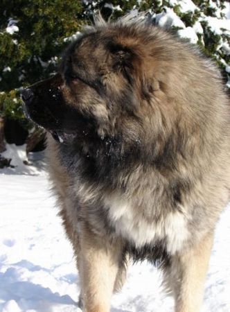 Kaukasischer Schäferhund Kavkazskoy Natsionalnosti NURBEK - Candidate Champion of Poland, Multi Best Male in Breed, Multi Best of Breed Winner, the most winning Junior Male in Poland in the year 2006 (winner of 6 International Shows in Poland in Junior Class + 6 times Best Junior), Junior Champion of Poland, Multi Junior Winner, Multi Best Junior in Breed, Winner of II FCI Junior\\\\\\\\\\\\\\\\\\\\\\\\\\\\\\\\\\\\\\\\\\\\\\\\\\\\\\\\\\\\\\\\\\\\\\\\\\\\\\\\\\\\\\\\\\\\\\\\\\\\\\\\\\\\\\\\\\\\\\\\\\\\\\\\\\\\\\\\\\\\\\\\\\\\\\\\\\\\\\\\\\\\\\\\\\\\\\\\\\\\\\\\\\\\\\\\\\\\\\\\\\\\\\\\\\\\\\\\\\\\\\\\\\\\\\\\\\\\\\\\\\\\\\\\\\\\\\\\\\\\\\\\\\\\\\\\\\\\\\\\\\\\\\\\\\\\\\\\\\\\\\\\\\\\\\\\\\\\\\\\\\\\\\\\\\\\\\\\\\\\\\\\\\\\\\\\\\\\\\\\\\\\\\\\\\\\\\\\\\\\\\\\\\\\\\\\\\\\\\\\\\\\\\\\\\\\\\\\\\\\\\\\\\\\\\\\\\\\\\\\\\\\\\\\\\\\\\\\\\\\\\\\\\\\\\\\\\\\\\\\\\\\\\\\\\\\\\\\\\\\\\\\\\\\\\\\\\\\\\\\\\\\\\\\\\\\\\\\\\\\\\\\\\\\\\\\\\\\\\\\\\\\\\\\\\\\\\\\\\\\\\\\\\\\\\\\\\\\\\\\\\\\\\\\\\\\\\\\\\\\\\\\\\\\\\\\\\\\\\\\\\\\\\\\\\\\\\\\\\\\\\\\\\\\\\\\\\\\\\\\\\\\\\\\\\\\\\\\\\\\\\\\\\\\\\\\\\\\\\\\\\\\\\\\\\\\\\\\\\\\\\\\\\\\\\\\\\\\\\\\\\\\\\\\\\\\\\\\\\\\\\\\\\\\\\\\\\\\\\\\\\\\\\\\\\\\\\\\\\\\\\\\\\\\\\\\\\\\\\\\\\\\\\\\\\\\\\\\\\\\\\\\\\\\\\\\\\\\\\\\\\\\\\\\\\\\\\\\\\\\\\\\\\\\\\\\\\\\\\\\\\\\\\\\\\\\\\\\\\\\\\\\\\\\\\\\\\\\\\\\\\\\\\\\\\\\\\\\\\\\\\\\\\\\\\\\\\\\\\\\\\\\\\\\\\\\\\\\\\\\\\\\\\\\\\\\\\\\\\\\\\\\\\\\\\\\\\\\\\\\\\\\\\\\\\\\\\\\\\\\\\\\\\\\\\\\\\\\\\\\\\\\\\\\\\\\\\\\\\\\\\\\\\\\\\\\\\\\\\\\\\\\\\\\\\\\\\\\\\\\\\\\\\\\\\\\\\\\\\\\\\\\\\\\\\\\\\\\\\\\\\\\\\\\\\\\\\\\\\\\\\\\\\\\\\\\\\\\\\\\\\\\\\\\\\\\\\\\\\\\\\\\\\\\\\\\\\\\\\\\\\\\\\\\\\\\\\\\\\\\\\\\\\\\\\\\\\\\\\\\\\\\\\\\\\\\\\\\\\\\\\\\\\\\\\\\\\\\\\\\\\\\\\\\\\\\\\\\\\\\\\\\\\\\\\\\\\\\\\\\\\\\\\\\\\\\\\\\\\\\\\\\\\\\\\\\\\\\\\\\\\\\\\\\\\\\\\\\\\\\\\\\\\\\\\\\\\\\\\\\\\\\\\\\\\\\\\\\\\\\\\\\\\\\\\\\\\\\\\\\\\\\\\\\\\\\\\\\\\\\\\\\\\\\\\\\\\\\\\\\\\\\\\\\\\\\\\\\\\\\\\\\\\\\\\\\\\\\\\\\\\\\\\\\\\\\\\\\\\\\\\\\\\\\\\\\\\\\\\\\\\\\\\\\\\\\\\\\\\\\\\\\\\\\\\\\\\\\\\\\\\\\\\\\\\\\\\\\\\\\\\\\\\\\\\\\\\\\\\\\\\\\\\\\\\\\\\\\\\\\\\\\\\\\\\\\\\\\\\\\\\\\\\\\\\\\\\\\\\\\\\\\\\\\\\\\\\\\\\\\\\\\\\\\\\\\\\\\\\\\\\\\\\\\\\\\\\\\\\\\\\\\\\\\\\\\\\\\\\\\\\\\\\\\\\\\\\\\\\\\\\\\\\\\\\\\\\\\\\\\\\\\\\\\\\\\\\\\\\\\\\\\\\\\\\\\\\\\\\\\\\\\\\\\\\\\\\\\\\\\\\\\\\\\\\\\\\\\\\\\\\\\\\\\\\\\\\\\\\\\\\\\\\\\\\\\\\\\\\\\\\\\\\\\\\\\\\\\\\\\\\\\\\\\\\\\\\\\\\\\\\\\\\\\\\\\\\\\\\\\\\\\\\\\\\\\\\\\\\\\\\\\\\\\\\\\\\\\\\\\\\\\\\\\\\\\\\\\\\\\\\\\\\\\\\\\\\\\\\\\\\\\\\\\\\\\\\\\\\\\\\\\\\\\\\\\\\\\\\\\\\\\\\\\\\\\\\\\\\\\\\\\\\\\\\\\\\\\\\\\\\\\\\\\\\\\\\\\\\\\\\\\\\\\\\\\\\\\\\\\\\\\\\\\\\\\\\\\\\\\\\\\\\\\\\\\\\\\\\\\\\\\\\\\\\\\\\\\\\\\\\\\\\\\\\\\\\\\\\\\\\\\\\\\\\\\\\\\\\\\\\\\\\\\\\\\\\\\\\\\\\\\\\\\\\\\\\\\\\\\\\\\\\\\\\\\\\\\\\\\\\\\\\\\\\\\\\\\\\\\\\\\\\\\\\\\\\\\\\\\\\\\\\\\\\\\\\\\\\\\\\\\\\\\\\\\\\\\\\\\\\\\\\\\\\\\\\\\\\\\\\\\\\\\\\\\\\\\\\\\\\\\\\\\\\\\\\\\\\\\\\\\\\\\\\\\\\\\\\\\\\\\\\\\\\\\\\\\\\\\\\\\\\\\\\\\\\\\\\\\\\\\\\\\\\\\\\\\\\\\\\\\\\\\\\\\\\\\\\\\\\\\\\\\\\\\\\\\\\\\\\\\\\\\\\\\\\\\\\\\\\\\\\\\\\\\\\\\\\\\\\\\\\\\\\\\\\\\\\\\\\\\\\\\\\\\\\\\\\\\\\\\\\\\\\\\\\\\\\\\\\\\\\\\\\\\\\\\\\\\\\\\\\\\\\\\\\\\\\\\\\\\\\\\\\\\\\\\\\\\\\\\\\\\\\\\\\\\\\\\\\\\\\\\\\\\\\\\\\\\\\\\\\\\\\\\\\\\\\\\\\\\\\\\\\\\\\\\\\\\\\\\\\\\\\\\\\\\\\\\\\\\\\\\\\\\\\\\\\\\\\\\\\\\\\\\\\\\\\\\\\\\\\\\\\\\\\\\\\\\\\\\\\\\\\\\\\\\\\\\\\\\\\\\\\\\\\\\\\\\\\\\\\\\\\\\\\\\\\\\\\\\\\\\\\\\\\\\\\\\\\\\\\\\\\\\\\\\\\\\\\\\\\\\\\\\\\\\\\\\\\\\\\\\\\\\\\\\\\\\\\\\\\\\\\\\\\\\\\\\\\\\\\\\\\\\\\\\\\\\\\\\\\\\\\\\\\\\\\\\\\\\\\\\\\\\\\\\\\\\\\\\\\\\\\\\\\\\\\\\\\\\\\\\\\\\\\\\\\\\\\\\\\\\\\\\\\\\\\\\\\\\\\\\\\\\\\\\\\\\\\\\\\\\\\\\\\\\\\\\\\\\\\\\\\\\\\\\\\\\\\\\\\\\\\\\\\\\\\\\\\\\\\\\\\\\\\\\\\\\\\\\\\\\\\\\\\\\\\\\\\\\\\\\\\\\\\\\\\\\\\\\\\\\\\\\\\\\\\\\\\\\\\\\\\\\\\\\\\\\\\\\\\\\\\\\\\\\\\\\\\\\\\\\\\\\\\\\\\\\\\\\\\\\\\\\\\\\\\\\\\\\\\\\\\\\\\\\\\\\\\\\\\\\\\\\\\\\\\\\\\\\\\\\\\\\\\\\\\\\\\\\\\\\\\\\\\\\\\\\\\\\\\\\\\\\\\\\\\\\\\\\\\\\\\\\\\\\\\\\\\\\\\\\\\\\\\\\\\\\\\\\\\\\\\\\\\\\\\\\\\\\\\\\\\\\\\\\\\\\\\\\\\\\\\\\\\\\\\\\\\\\\\\\\\\\\\\\\\\\\\\\\\\\\\\\\\\\\\\\\\\\\\\\\\\\\\\\\\\\\\\\\\\\\\\\\\\\\\\\\\\\\\\\\\\\\\\\\\\\\\\\\\\\\\\\\\\\\\\\\\\\\\\\\\\\\\\\\\\\\\\\\\\\\\\\\\\\\\\\\\\\\\\\\\\\\\\\\\\\\\\\\\\\\\\\\\\\\\\\\\\\\\\\\\\\\\\\\\\\\\\\\\\\\\\\\\\\\\\\\\\\\\\\\\\\\\\\\\\\\\\\\\\\\\\\\\\\\\\\\\\\\\\\\\\\\\\\\\\\\\\\\\\\\\\\\\\\\\\\\\\\\\\\\\\\\\\\\\\\\\\\\\\\\\\\\\\\\\\\\\\\\\\\\\\\\\\\\\\\\\\\\\\\\\\\\\\\\\\\\\\\\\\\\\\\\\\\\\\\\\\\\\\\\\\\\\\\\\\\\\\\\\\\\\\\\\\\\\\\\\\\\\\\\\\\\\\\\\\\\\\\\\\\\\\\\\\\\\\\\\\\\\\\\\\\\\\\\\\\\\\\\\\\\\\\\\\\\\\\\\\\\\\\\\\\\\\\\\\\\\\\\\\\\\\\\\\\\\\\\\\\\\\\\\\\\\\\\\\\\\\\\\\\\\\\\\\\\\\\\\\\\\\\\\\\\\\\\\\\\\\\\\\\\\\\\\\\\\\\\\\\\\\\\\\\\\\\\\\\\\\\\\\\\\\\\\\\\\\\\\\\\\\\\\\\\\\\\\\\\\\\\\\\\\\\\\\\\\\\\\\\\\\\\\\\\\\\\\\\\\\\\\\\\\\\\\\\\\\\\\\\\\\\\\\\\\\\\\\\\\\\\\\\\\\\\\\\\\\\\\\\\\\\\\\\\\\\\\\\\\\\\\\\\\\\\\\\\\\\\\\\\\\\\\\\\\\\\\\\\\\\\\\\\\\\\\\\\\\\\\\\\\\\\\\\\\\\\\\\\\\\\\\\\\\\\\\\\\\\\\\\\\\\\\\\\\\\\\\\\\\\\\\\\\\\\\\\\\\\\\\\\\\\\\\\\\\\\\\\\\\\\\\\\\\\\\\\\\\\\\\\\\\\\\\\\\\\\\\\\\\\\\\\\\\\\\\\\\\\\\\\\\\\\\\\\\\\\\\\\\\\\\\\\\\\\\\\\\\\\\\\\\\\\\\\\\\\\\\\\\\\\\\\\\\\\\\\\\\\\\\\\\\\\\\\\\\\\\\\\\\\\\\\\\\\\\\\\\\\\\\\\\\\\\\\\\\\\\\\\\\\\\\\\\\\\\\\\\\\\\\\\\\\\\\\\\\\\\\\\\\\\\\\\\\\\\\\\\\\\\\\\\\\\\\\\\\\\\\\\\\\\\\\\\\\\\\\\\\\\\\\\\\\\\\\\\\\\\\\\\\\\\\\\\\\\\\\\\\\\\\\\\\\\\\\\\\\\\\\\\\\\\\\\\\\\\\\\\\\\\\\\\\\\\\\\\\\\\\\\\\\\\\\\\\\\\\\\\\\\\\\\\\\\\\\\\\\\\\\\\\\\\\\\\\\\\\\\\\\\\\\\\\\\\\\\\\\\\\\\\\\\\\\\\\\\\\\\\\\\\\\\\\\\\\\\\\\\\\\\\\\\\\\\\\\\\\\\\\\\\\\\\\\\\\\\\\\\\\\\\\\\\\\\\\\\\\\\\\\\\\\\\\\\\\\\\\\\\\\\\\\\\\\\\\\\\\\\\\\\\\\\\\\\\\\\\\\\\\\\\\\\\\\\\\\\\\\\\\\\\\\\\\\\\\\\\\\\\\\\\\\\\\\\\\\\\\\\\\\\\\\\\\\\\\\\\\\\\\\\\\\\\\\\\\\\\\\\\\\\\\\\\\\\\\\\\\\\\\\\\\\\\\\\\\\\\\\\\\\\\\\\\\\\\\\\\\\\\\\\\\\\\\\\\\\\\\\\\\\\\\\\\\\\\\\\\\\\\\\\\\\\\\\\\\\\\\\\\\\\\\\\\\\\\\\\\\\\\\\\\\\\\\\\\\\\\\\\\\\\\\\\\\\\\\\\\\\\\\\\\\\\\\\\\\\\\\\\\\\\\\\\\\\\\\\\\\\\\\\\\\\\\\\\\\\\\\\\\\\\\\\\\\\\\\\\\\\\\\\\\\\\\\\\\\\\\\\\\\\\\\\\\\\\\\\\\\\\\\\\\\\\\\\\\\\\\\\\\\\\\\\\\\\\\\\\\\\\\\\\\\\\\\\\\\\\\\\\\\\\\\\\\\\\\\\\\\\\\\\\\\\\\\\\\\\\\\\\\\\\\\\\\\\\\\\\\\\\\\\\\\\\\\\\\\\\\\\\\\\\\\\\\\\\\\\\\\\\\\\\\\\\\\\\\\\\\\\\\\\\\\\\\\\\\\\\\\\\\\\\\\\\\\\\\\\\\\\\\\\\\\\\\\\\\\\\\\\\\\\\\\\\\\\\\\\\\\\\\\\\\\\\\\\\\\\\\\\\\\\\\\\\\\\\\\\\\\\\\\\\\\\\\\\\\\\\\\\\\\\\\\\\\\\\\\\\\\\\\\\\\\\\\\\\\\\\\\\\\\\\\\\\\\\\\\\\\\\\\\\\\\\\\\\\\\\\\\\\\\\\\\\\\\\\\\\\\\\\\\\\\\\\\\\\\\\\\\\\\\\\\\\\\\\\\\\\\\\\\\\\\\\\\\\\\\\\\\\\\\\\\\\\\\\\\\\\\\\\\\\\\\\\\\\\\\\\\\\\\\\\\\\\\\\\\\\\\\\\\\\\\\\\\\\\\\\\\\\\\\\\\\\\\\\\\\\\\\\\\\\\\\\\\\\\\\\\\\\\\\\\\\\\\\\\\\\\\\\\\\\\\\\\\\\\\\\\\\\\\\\\\\\\\\\\\\\\\\\\\\\\\\\\\\\\\\\\\\\\\\\\\\\\\\\\\\\\\\\\\\\\\\\\\\\\\\\\\\\\\\\\\\\\\\\\\\\\\\\\\\\\\\\\\\\\\\\\\\\\\\\\\\\\\\\\\\\\\\\\\\\\\\\\\\\\\\\\\\\\\\\\\\\\\\\\\\\\\\\\\\\\\\\\\\\\\\\\\\\\\\\\\\\\\\\\\\\\\\\\\\\\\\\\\\\\\\\\\\\\\\\\\\\\\\\\\\\\\\\\\\\\\\\\\\\\\\\\\\\\\\\\\\\\\\\\\\\\\\\\\\\\\\\\\\\\\\\\\\\\\\\\\\\\\\\\\\\\\\\\\\\\\\\\\\\\\\\\\\\\\\\\\\\\\\\\\\\\\\\\\\\\\\\\\\\\\\\\\\\\\\\\\\\\\\\\\\\\\\\\\\\\\\\\\\\\\\\\\\\\\\\\\\\\\\\\\\\\\\\\\\\\\\\\\\\\\\\\\\\\\\\\\\\\\\\\\\\\\\\\\\\\\\\\\\\\\\\\\\\\\\\\\\\\\\\\\\\\\\\\\\\\\\\\\\\\\\\\\\\\\\\\\\\\\\\\\\\\\\\\\\\\\\\\\\\\\\\\\\\\\\\\\\\\\\\\\\\\\\\\\\\\\\\\\\\\\\\\\\\\\\\\\\\\\\\\\\\\\\\\\\\\\\\\\\\\\\\\\\\\\\\\\\\\\\\\\\\\\\\\\\\\\\\\\\\\\\\\\\\\\\\\\\\\\\\\\\\\\\\\\\\\\\\\\\\\\\\\\\\\\\\\\\\\\\\\\\\\\\\\\\\\\\\\\\\\\\\\\\\\\\\\\\\\\\\\\\\\\\\\\\\\\\\\\\\\\\\\\\\\\\\\\\\\\\\\\\\\\\\\\\\\\\\\\\\\\\\\\\\\\\\\\\\\\\\\\\\\\\\\\\\\\\\\\\\\\\\\\\\\\\\\\\\\\\\\\\\\\\\\\\\\\\\\\\\\\\\\\\\\\\\\\\\\\\\\\\\\\\\\\\\\\\\\\\\\\\\\\\\\\\\\\\\\\\\\\\\\\\\\\\\\\\\\\\\\\\\\\\\\\\\\\\\\\\\\\\\\\\\\\\\\\\\\\\\\\\\\\\\\\\\\\\\\\\\\\\\\\\\\\\\\\\\\\\\\\\\\\\\\\\\\\\\\\\\\\\\\\\\\\\\\\\\\\\\\\\\\\\\\\\\\\\\\\\\\\\\\\\\\\\\\\\\\\\\\\\\\\\\\\\\\\\\\\\\\\\\\\\\\\\\\\\\\\\\\\\\\\\\\\\\\\\\\\\\\\\\\\\\\\\\\\\\\\\\\\\\\\\\\\\\\\\\\\\\\\\\\\\\\\\\\\\\\\\\\\\\\\\\\\\\\\\\\\\\\\\\\\\\\\\\\\\\\\\\\\\\\\\\\\\\\\\\\\\\\\\\\\\\\\\\\\\\\\\\\\\\\\\\\\\\\\\\\\\\\\\\\\\\\\\\\\\\\\\\\\\\\\\\\\\\\\\\\\\\\\\\\\\\\\\\\\\\\\\\\\\\\\\\\\\\\\\\\\\\\\\\\\\\\\\\\\\\\\\\\\\\\\\\\\\\\\\\\\\\\\\\\\\\\\\\\\\\\\\\\\\\\\\\\\\\\\\\\\\\\\\\\\\\\\\\\\\\\\\\\\\\\\\\\\\\\\\\\\\\\\\\\\\\\\\\\\\\\\\\\\\\\\\\\\\\\\\\\\\\\\\\\\\\\\\\\\\\\\\\\\\\\\\\\\\\\\\\\\\\\\\\\\\\\\\\\\\\\\\\\\\\\\\\\\\\\\\\\\\\\\\\\\\\\\\\\\\\\\\\\\\\\\\\\\\\\\\\\\\\\\\\\\\\\\\\\\\\\\\\\\\\\\\\\\\\\\\\\\\\\\\\\\\\\\\\\\\\\\\\\\\\\\\\\\\\\\\\\\\\\\\\\\\\\\\\\\\\\\\\\\\\\\\\\\\\\\\\\\\\\\\\\\\\\\\\\\\\\\\\\\\\\\\\\\\\\\\\\\\\\\\\\\\\\\\\\\\\\\\\\\\\\\\\\\\\\\\\\\\\\\\\\\\\\\\\\\\\\\\\\\\\\\\\\\\\\\\\\\\\\\\\\\\\\\\\\\\\\\\\\\\\\\\\\\\\\\\\\\\\\\\\\\\\\\\\\\\\\\\\\\\\\\\\\\\\\\\\\\\\\\\\\\\\\\\\\\\\\\\\\\\\\\\\\\\\\\\\\\\\\\\\\\\\\\\\\\\\\\\\\\\\\\\\\\\\\\\\\\\\\\\\\\\\\\\\\\\\\\\\\\\\\\\\\\\\\\\\\\\\\\\\\\\\\\\\\\\\\\\\\\\\\\\\\\\\\\\\\\\\\\\\\\\\\\\\\\\\\\\\\\\\\\\\\\\\\\\\\\\\\\\\\\\\\\\\\\\\\\\\\\\\\\\\\\\\\\\\\\\\\\\\\\\\\\\\\\\\\\\\\\\\\\\\\\\\\\\\\\\\\\\\\\\\\\\\\\\\\\\\\\\\\\\\\\\\\\\\\\\\\\\\\\\\\\\\\\\\\\\\\\\\\\\\\\\\\\\\\\\\\\\\\\\\\\\\\\\\\\\\\\\\\\\\\\\\\\\\\\\\\\\\\\\\\\\\\\\\\\\\\\\\\\\\\\\\\\\\\\\\\\\\\\\\\\\\\\\\\\\\\\\\\\\\\\\\\\\\\\\\\\\\\\\\\\\\\\\\\\\\\\\\\\\\\\\\\\\\\\\\\\\\\\\\\\\\\\\\\\\\\\\\\\\\\\\\\\\\\\\\\\\\\\\\\\\\\\\\\\\\\\\\\\\\\\\\\\\\\\\\\\\\\\\\\\\\\\\\\\\\\\\\\\\\\\\\\\\\\\\\\\\\\\\\\\\\\\\\\\\\\\\\\\\\\\\\\\\\\\\\\\\\\\\\\\\\\\\\\\\\\\\\\\\\\\\\\\\\\\\\\\\\\\\\\\\\\\\\\\\\\\\\\\\\\\\\\\\\\\\\\\\\\\\\\\\\\\\\\\\\\\\\\\\\\\\\\\\\\\\\\\\\\\\\\\\\\\\\\\\\\\\\\\\\\\\\\\\\\\\\\\\\\\\\\\\\\\\\\\\\\\\\\\\\\\\\\\\\\\\\\\\\\\\\\\\\\\\\\\\\\\\\\\\\\\\\\\\\\\\\\\\\\\\\\\\\\\\\\\\\\\\\\\\\\\\\\\\\\\\\\\\\\\\\\\\\\\\\\\\\\\\\\\\\\\\\\\\\\\\\\\\\\\\\\\\\\\\\\\\\\\\\\\\\\\\\\\\\\\\\\\\\\\\\\\\\\\\\\\\\\\\\\\\\\\\\\\\\\\\\\\\\\\\\\\\\\\\\\\\\\\\\\\\\\\\\\\\\\\\\\\\\\\\\\\\\\\\\\\\\\\\\\\\\\\\\\\\\\\\\\\\\\\\\\\\\\\\\\\\\\\\\\\\\\\\\\\\\\\\\\\\\\\\\\\\\\\\\\\\\\\\\\\\\\\\\\\\\\\\\\\\\\\\\\\\\\\\\\\\\\\\\\\\\\\\\\\\\\\\\\\\\\\\\\\\\\\\\\\\\\\\\\\\\\\\\\\\\\\\\\\\\\\\\\\\\\\\\\\\\\\\\\\\\\\\\\\\\\\\\\\\\\\\\\\\\\\\\\\\\\\\\\\\\\\\\\\\\\\\\\\\\\\\\\\\\\\\\\\\\\\\\\\\\\\\\\\\\\\\\\\\\\\\\\\\\\\\\\\\\\\\\\\\\\\\\\\\\\\\\\\\\\\\\\\\\\\\\\\\\\\\\\\\\\\\\\\\\\\\\\\\\\\\\\\\\\\\\\\\\\\\\\\\\\\\\\\\\\\\\\\\\\\\\\\\\\\\\\\\\\\\\\\\\\\\\\\\\\\\\\\\\\\\\\\\\\\\\\\\\\\\\\\\\\\\\\\\\\\\\\\\\\\\\\\\\\\\\\\\\\\\\\\\\\\\\\\\\\\\\\\\\\\\\\\\\\\\\\\\\\\\\\\\\\\\\\\\\\\\\\\\\\\\\\\\\\\\\\\\\\\\\\\\\\\\\\\\\\\\\\\\\\\\\\\\\\\\\\\\\\\\\\\\\\\\\\\\\\\\\\\\\\\\\\\\\\\\\\\\\\\\\\\\\\\\\\\\\\\\\\\\\\\\\\\\\\\\\\\\\\\\\\\\\\\\\\\\\\\\\\\\\\\\\\\\\\\\\\\\\\\\\\\\\\\\\\\\\\\\\\\\\\\\\\\\\\\\\\\\\\\\\\\\\\\\\\\\\\\\\\\\\\\\\\\\\\\\\\\\\\\\\\\\\\\\\\\\\\\\\\\\\\\\\\\\\\\\\\\\\\\\\\\\\\\\\\\\\\\\\\\\\\\\\\\\\\\\\\\\\\\\\\\\\\\\\\\\\\\\\\\\\\\\\\\\\\\\\\\\\\\\\\\\\\\\\\\\\\\\\\\\\\\\\\\\\\\\\\\\\\\\\\\\\\\\\\\\\\\\\\\\\\\\\\\\\\\\\\\\\\\\\\\\\\\\\\\\\\\\\\\\\\\\\\\\\\\\\\\\\\\\\\\\\\\\\\\\\\\\\\\\\\\\\\\\\\\\\\\\\\\\\\\\\\\\\\\\\\\\\\\\\\\\\\\\\\\\\\\\\\\\\\\\\\\\\\\\\\\\\\\\\\\\\\\\\\\\\\\\\\\\\\\\\\\\\\\\\\\\\\\\\\\\\\\\\\\\\\\\\\\\\\\\\\\\\\\\\\\\\\\\\\\\\\\\\\\\\\\\\\\\\\\\\\\\\\\\\\\\\\\\\\\\\\\\\\\\\\\\\\\\\\\\\\\\\\\\\\\\\\\\\\\\\\\\\\\\\\\\\\\\\\\\\\\\\\\\\\\\\\\\\\\\\\\\\\\\\\\\\\\\\\\\\\\\\\\\\\\\\\\\\\\\\\\\\\\\\\\\\\\\\\\\\\\\\\\\\\\\\\\\\\\\\\\\\\\\\\\\\\\\\\\\\\\\\\\\\\\\\\\\\\\\\\\\\\\\\\\\\\\\\\\\\\\\\\\\\\\\\\\\\\\\\\\\\\\\\\\\\\\\\\\\\\\\\\\\\\\\\\\\\\\\\\\\\\\\\\\\\\\\\\\\\\\\\\\\\\\\\\\\\\\\\\\\\\\\\\\\\\\\\\\\\\\\\\\\\\\\\\\\\\\\\\\\\\\\\\\\\\\\\\\\\\\\\\\\\\\\\\\\\\\\\\\\\\\\\\\\\\\\\\\\\\\\\\\\\\\\\\\\\\\\\\\\\\\\\\\\\\\\\\\\\\\\\\\\\\\\\\\\\\\\\\\\\\\\\\\\\\\\\\\\\\\\\\\\\\\\\\\\\\\\\\\\\\\\\\\\\\\\\\\\\\\\\\\\\\\\\\\\\\\\\\\\\\\\\\\\\\\\\\\\\\\\\\\\\\\\\\\\\\\\\\\\\\\\\\\\\\\\\\\\\\\\\\\\\\\\\\\\\\\\\\\\\\\\\\\\\\\\\\\\\\\\\\\\\\\\\\\\\\\\\\\\\\\\\\\\\\\\\\\\\\\\\\\\\\\\\\\\\\\\\\\\\\\\\\\\\\\\\\\\\\\\\\\\\\\\\\\\\\\\\\\\\\\\\\\\\\\\\\\\\\\\\\\\\\\\\\\\\\\\\\\\\\\\\\\\\\\\\\\\\\\\\\\\\\\\\\\\\\\\\\\\\\\\\\\\\\\\\\\\\\\\\\\\\\\\\\\\\\\\\\\\\\\\\\\\\\\\\\\\\\\\\\\\\\\\\\\\\\\\\\\\\\\\\\\\\\\\\\\\\\\\\\\\\\\\\\\\\\\\\\\\\\\\\\\\\\\\\\\\\\\\\\\\\\\\\\\\\\\\\\\\\\\\\\\\\\\\\\\\\\\\\\\\\\\\\\\\\\\\\\\\\\\\\\\\\\\\\\\\\\\\\\\\\\\\\\\\\\\\\\\\\\\\\\\\\\\\\\\\\\\\\\\\\\\\\\\\\\\\\\\\\\\\\\\\\\\\\\\\\\\\\\\\\\\\\\\\\\\\\\\\\\\\\\\\\\\\\\\\\\\\\\\\\\\\\\\\\\\\\\\\\\\\\\\\\\\\\\\\\\\\\\\\\\\\\\\\\\\\\\\\\\\\\\\\\\\\\\\\\\\\\\\\\\\\\\\\\\\\\\\\\\\\\\\\\\\\\\\\\\\\\\\\\\\\\\\\\\\\\\\\\\\\\\\\\\\\\\\\\\\\\\\\\\\\\\\\\\\\\\\\\\\\\\\\\\\\\\\\\\\\\\\\\\\\\\\\\\\\\\\\\\\\\\\\\\\\\\\\\\\\\\\\\\\\\\\\\\\\\\\\\\\\\\\\\\\\\\\\\\\\\\\\\\\\\\\\\\\\\\\\\\\\\\\\\\\\\\\\\\\\\\\\\\\\\\\\\\\\\\\\\\\\\\\\\\\\\\\\\\\\\\\\\\\\\\\\\\\\\\\\\\\\\\\\\\\\\\\\\\\\\\\\\\\\\\\\\\\\\\\\\\\\\\\\\\\\\\\\\\\\\\\\\\\\\\\\\\\\\\\\\\\\\\\\\\\\\\\\\\\\\\\\\\\\\\\\\\\\\\\\\\\\\\\\\\\\\\\\\\\\\\\\\\\\\\\\\\\\\\\\\\\\\\\\\\\\\\\\\\\\\\\\\\\\\\\\\\\\\\\\\\\\\\\\\\\\\\\\\\\\\\\\\\\\\\\\\\\\\\\\\\\\\\\\\\\\\\\\\\\\\\\\\\\\\\\\\\\\\\\\\\\\\\\\\\\\\\\\\\\\\\\\\\\\\\\\\\\\\\\\\\\\\\\\\\\\\\\\\\\\\\\\\\\\\\\\\\\\\\\\\\\\\\\\\\\\\\\\\\\\\\\\\\\\\\\\\\\\\\\\\\\\\\\\\\\\\\\\\\\\\\\\\\\\\\\\\\\\\\\\\\\\\\\\\\\\\\\\\\\\\\\\\\\\\\\\\\\\\\\\\\\\\\\\\\\\\\\\\\\\\\\\\\\\\\\\\\\\\\\\\\\\\\\\\\\\\\\\\\\\\\\\\\\\\\\\\\\\\\\\\\\\\\\\\\\\\\\\\\\\\\\\\\\\\\\\\\\\\\\\\\\\\\\\\\\\\\\\\\\\\\\\\\\\\\\\\\\\\\\\\\\\\\\\\\\\\\\\\\\\\\\\\\\\\\\\\\\\\\\\\\\\\\\\\\\\\\\\\\\\\\\\\\\\\\\\\\\\\\\\\\\\\\\\\\\\\\\\\\\\\\\\\\\\\\\\\\\\\\\\\\\\\\\\\\\\\\\\\\\\\\\\\\\\\\\\\\\\\\\\\\\\\\\\\\\\\\\\\\\\\\\\\\\\\\\\\\\\\\\\\\\\\\\\\\\\\\\\\\\\\\\\\\\\\\\\\\\\\\\\\\\\\\\\\\\\\\\\\\\\\\\\\\\\\\\\\\\\\\\\\\\\\\\\\\\\\\\\\\\\\\\\\\\\\\\\\\\\\\\\\\\\\\\\\\\\\\\\\\\\\\\\\\\\\\\\\\\\\\\\\\\\\\\\\\\\\\\\\\\\\\\\\\\\\\\\\\\\\\\\\\\\\\\\\\\\\\\\\\\\\\\\\\\\\\\\\\\\\\\\\\\\\\\\\\\\\\\\\\\\\\\\\\\\\\\\\\\\\\\\\\\\\\\\\\\\\\\\\\\\\\\\\\\\\\\\\\\\\\\\\\\\\\\\\\\\\\\\\\\\\\\\\\\\\\\\\\\\\\\\\\\\\\\\\\\\\\\\\\\\\\\\\\\\\\\\\\\\\\\\\\\\\\\\\\\\\\\\\\\\\\\\\\\\\\\\\\\\\\\\\\\\\\\\\\\\\\\\\\\\\\\\\\\\\\\\\\\\\\\\\\\\\\\\\\\\\\\\\\\\\\\\\\\\\\\\\\\\\\\\\\\\\\\\\\\\\\\\\\\\\\\\\\\\\\\\\\\\\\\\\\\\\\\\\\\\\\\\\\\\\\\\\\\\\\\\\\\\\\\\\\\\\\\\\\\\\\\\\\\\\\\\\\\\\\\\\\\\\\\\\\\\\\\\\\\\\\\\\\\\\\\\\\\\\\\\\\\\\\\\\\\\\\\\\\\\\\\\\\\\\\\\\\\\\\\\\\\\\\\\\\\\\\\\\\\\\\\\\\\\\\\\\\\\\\\\\\\\\\\\\\\\\\\\\\\\\\\\\\\\\\\\\\\\\\\\\\\\\\\\\\\\\\\\\\\\\\\\\\\\\\\\\\\\\\\\\\\\\\\\\\\\\\\\\\\\\\\\\\\\\\\\\\\\\\\\\\\\\\\\\\\\\\\\\\\\\\\\\\\\\\\\\\\\\\\\\\\\\\\\\\\\\\\\\\\\\\\\\\\\\\\\\\\\\\\\\\\\\\\\\\\\\\\\\\\\\\\\\\\\\\\\\\\\\\\\\\\\\\\\\\\\\\\\\\\\\\\\\\\\\\\\\\\\\\\\\\\\\\\\\\\\\\\\\\\\\\\\\\\\\\\\\\\\\\\\\\\\\\\\\\\\\\\\\\\\\\\\\\\\\\\\\\\\\\\\\\\\\\\\\\\\\\\\\\\\\\\\\\\\\\\\\\\\\\\\\\\\\\\\\\\\\\\\\\\\\\\\\\\\\\\\\\\\\\\\\\\\\\\\\\\\\\\\\\\\\\\\\\\\\\\\\\\\\\\\\\\\\\\\\\\\\\\\\\\\\\\\\\\\\\\\\\\\\\\\\\\\\\\\\\\\\\\\\\\\\\\\\\\\\\\\\\\\\\\\\\\\\\\\\\\\\\\\\\\\\\\\\\\\\\\\\\\\\\\\\\\\\\\\\\\\\\\\\\\\\\\\\\\\\\\\\\\\\\\\\\\\\\\\\\\\\\\\\\\\\\\\\\\\\\\\\\\\\\\\\\\\\\\\\\\\\\\\\\\\\\\\\\\\\\\\\\\\\\\\\\\\\\\\\\\\\\\\\\\\\\\\\\\\\\\\\\\\\\\\\\\\\\\\\\\\\\\\\\\\\\\\\\\\\\\\\\\\\\\\\\\\\\\\\\\\\\\\\\\\\\\\\\\\\\\\\\\\\\\\\\\\\\\\\\\\\\\\\\\\\\\\\\\\\\\\\\\\\\\\\\\\\\\\\\\\\\\\\\\\\\\\\\\\\\\\\\\\\\\\\\\\\\\\\\\\\\\\\\\\\\\\\\\\\\\\\\\\\\\\\\\\\\\\\\\\\\\\\\\\\\\\\\\\\\\\\\\\\\\\\\\\\\\\\\\\\\\\\\\\\\\\\\\\\\\\\\\\\\\\\\\\\\\\\\\\\\\\\\\\\\\\\\\\\\\\\\\\\\\\\\\\\\\\\\\\\\\\\\\\\\\\\\\\\\\\\\\\\\\\\\\\\\\\\\\\\\\\\\\\\\\\\\\\\\\\\\\\\\\\\\\\\\\\\\\\\\\\\\\\\\\\\\\\\\\\\\\\\\\\\\\\\\\\\\\\\\\\\\\\\\\\\\\\\\\\\\\\\\\\\\\\\\\\\\\\\\\\\\\\\\\\\\\\\\\\\\\\\\\\\\\\\\\\\\\\\\\\\\\\\\\\\\\\\\\\\\\\\\\\\\\\\\\\\\\\\\\\\\\\\\\\\\\\\\\\\\\\\\\\\\\\\\\\\\\\\\\\\\\\\\\\\\\\\\\\\\\\\\\\\\\\\\\\\\\\\\\\\\\\\\\\\\\\\\\\\\\\\\\\\\\\\\\\\\\\\\\\\\\\\\\\\\\\\\\\\\\\\\\\\\\\\\\\\\\\\\\\\\\\\\\\\\\\\\\\\\\\\\\\\\\\\\\\\\\\\\\\\\\\\\\\\\\\\\\\\\\\\\\\\\\\\\\\\\\\\\\\\\\\\\\\\\\\\\\\\\\\\\\\\\\\\\\\\\\\\\\\\\\\\\\\\\\\\\\\\\\\\\\\\\\\\\\\\\\\\\\\\\\\\\\\\\\\\\\\\\\\\\\\\\\\\\\\\\\\\\\\\\\\\\\\\\\\\\\\\\\\\\\\\\\\\\\\\\\\\\\\\\\\\\\\\\\\\\\\\\\\\\\\\\\\\\\\\\\\\\\\\\\\\\\\\\\\\\\\\\\\\\\\\\\\\\\\\\\\\\\\\\\\\\\\\\\\\\\\\\\\\\\\\\\\\\\\\\\\\\\\\\\\\\\\\\\\\\\\\\\\\\\\\\\\\\\\\\\\\\\\\\\\\\\\\\\\\\\\\\\\\\\\\\\\\\\\\\\\\\\\\\\\\\\\\\\\\\\\\\\\\\\\\\\\\\\\\\\\\\\\\\\\\\\\\\\\\\\\\\\\\\\\\\\\\\\\\\\\\\\\\\\\\\\\\\\\\\\\\\\\\\\\\\\\\\\\\\\\\\\\\\\\\\\\\\\\\\\\\\\\\\\\\\\\\\\\\\\\\\\\\\\\\\\\\\\\\\\\\\\\\\\\\\\\\\\\\\\\\\\\\\\\\\\\\\\\\\\\\\\\\\\\\\\\\\\\\\\\\\\\\\\\\\\\\\\\\\\\\\\\\\\\\\\\\\\\\\\\\\\\\\\\\\\\\\\\\\\\\\\\\\\\\\\\\\\\\\\\\\\\\\\\\\\\\\\\\\\\\\\\\\\\\\\\\\\\\\\\\\\\\\\\\\\\\\\\\\\\\\\\\\\\\\\\\\\\\\\\\\\\\\\\\\\\\\\\\\\\\\\\\\\\\\\\\\\\\\\\\\\\\\\\\\\\\\\\\\\\\\\\\\\\\\\\\\\\\\\\\\\\\\\\\\\\\\\\\\\\\\\\\\\\\\\\\\\\\\\\\\\\\\\\\\\\\\\\\\\\\\\\\\\\\\\\\\\\\\\\\\\\\\\\\\\\\\\\\\\\\\\\\\\\\\\\\\\\\\\\\\\\\\\\\\\\\\\\\\\\\\\\\\\\\\\\\\\\\\\\\\\\\\\\\\\\\\\\\\\\\\\\\\\\\\\\\\\\\\\\\\\\\\\\\\\\\\\\\\\\\\\\\\\\\\\\\\\\\\\\\\\\\\\\\\\\\\\\\\\\\\\\\\\\\\\\\\\\\\\\\\\\\\\\\\\\\\\\\\\\\\\\\\\\\\\\\\\\\\\\\\\\\\\\\\\\\\\\\\\\\\\\\\\\\\\\\\\\\\\\\\\\\\\\\\\\\\\\\\\\\\\\\\\\\\\\\\\\\\\\\\\\\\\\\\\\\\\\\\\\\\\\\\\\\\\\\\\\\\\\\\\\\\\\\\\\\\\\\\\\\\\\\\\\\\\\\\\\\\\\\\\\\\\\\\\\\\\\\\\\\\\\\\\\\\\\\\\\\\\\\\\\\\\\\\\\\\\\\\\\\\\\\\\\\\\\\\\\\\\\\\\\\\\\\\\\\\\\\\\\\\\\\\\\\\\\\\\\\\\\\\\\\\\\\\\\\\\\\\\\\\\\\\\\\\\\\\\\\\\\\\\\\\\\\\\\\\\\\\\\\\\\\\\\\\\\\\\\\\\\\\\\\\\\\\\\\\\\\\\\\\\\\\\\\\\\\\\\\\\\\\\\\\\\\\\\\\\\\\\\\\\\\\\\\\\\\\\\\\\\\\\\\\\\\\\\\\\\\\\\\\\\\\\\\\\\\\\\\\\\\\\\\\\\\\\\\\\\\\\\\\\\\\\\\\\\\\\\\\\\\\\\\\\\\\\\\\\\\\\\\\\\\\\\\\\\\\\\\\\\\\\\\\\\\\\\\\\\\\\\\\\\\\\\\\\\\\\\\\\\\\\\\\\\\\\\\\\\\\\\\\\\\\\\\\\\\\\\\\\\\\\\\\\\\\\\\\\\\\\\\\\\\\\\\\\\\\\\\\\\\\\\\\\\\\\\\\\\\\\\\\\\\\\\\\\\\\\\\\\\\\\\\\\\\\\\\\\\\\\\\\\\\\\\\\\\\\\\\\\\\\\\\\\\\\\\\\\\\\\\\\\\\\\\\\\\\\\\\\\\\\\\\\\\\\\\\\\\\\\\\\\\\\\\\\\\\\\\\\\\\\\\\\\\\\\\\\\\\\\\\\\\\\\\\\\\\\\\\\\\\\\\\\\\\\\\\\\\\\\\\\\\\\\\\\\\\\\\\\\\\\\\\\\\\\\\\\\\\\\\\\\\\\\\\\\\\\\\\\\\\\\\\\\\\\\\\\\\\\\\\\\\\\\\\\\\\\\\\\\\\\\\\\\\\\\\\\\\\\\\\\\\\\\\\\\\\\\\\\\\\\\\\\\\\\\\\\\\\\\\\\\\\\\\\\\\\\\\\\\\\\\\\\\\\\\\\\\\\\\\\\\\\\\\\\\\\\\\\\\\\\\\\\\\\\\\\\\\\\\\\\\\\\\\\\\\\\\\\\\\\\\\\\\\\\\\\\\\\\\\\\\\\\\\\\\\\\\\\\\\\\\\\\\\\\\\\\\\\\\\\\\\\\\\\\\\\\\\\\\\\\\\\\\\\\\\\\\\\\\\\\\\\\\\\\\\\\\\\\\\\\\\\\\\\\\\\\\\\\\\\\\\\\\\\\\\\\\\\\\\\\\\\\\\\\\\\\\\\\\\\\\\\\\\\\\\\\\\\\\\\\\\\\\\\\\\\\\\\\\\\\\\\\\\\\\\\\\\\\\\\\\\\\\\\\\\\\\\\\\\\\\\\\\\\\\\\\\\\\\\\\\\\\\\\\\\\\\\\\\\\\\\\\\\\\\\\\\\\\\\\\\\\\\\\\\\\\\\\\\\\\\\\\\\\\\\\\\\\\\\\\\\\\\\\\\\\\\\\\\\\\\\\\\\\\\\\\\\\\\\\\\\\\\\\\\\\\\\\\\\\\\\\\\\\\\\\\\\\\\\\\\\\\\\\\\\\\\\\\\\\\\\\\\\\\\\\\\\\\\\\\\\\\\\\\\\\\\\\\\\\\\\\\\\\\\\\\\\\\\\\\\\\\\\\\\\\\\\\\\\\\\\\\\\\\\\\\\\\\\\\\\\\\\\\\\\\\\\\\\\\\\\\\\\\\\\\\\\\\\\\\\\\\\\\\\\\\\\\\\\\\\\\\\\\\\\\\\\\\\\\\\\\\\\\\\\\\\\\\\\\\\\\\\\\\\\\\\\\\\\\\\\\\\\\\\\\\\\\\\\\\\\\\\\\\\\\\\\\\\\\\\\\\\\\\\\\\\\\\\\\\\\\\\\\\\\\\\\\\\\\\\\\\\\\\\\\\\\\\\\\\\\\\\\\\\\\\\\\\\\\\\\\\\\\\\\\\\\\\\\\\\\\\\\\\\\\\\\\\\\\\\\\\\\\\\\\\\\\\\\\\\\\\\\\\\\\\\\\\\\\\\\\\\\\\\\\\\\\\\\\\\\\\\\\\\\\\\\\\\\\\\\\\\\\\\\\\\\\\\\\\\\\\\\\\\\\\\\\\\\\\\\\\\\\\\\\\\\\\\\\\\\\\\\\\\\\\\\\\\\\\\\\\\\\\\\\\\\\\\\\\\\\\\\\\\\\\\\\\\\\\\\\\\\\\\\\\\\\\\\\\\\\\\\\\\\\\\\\\\\\\\\\\\\\\\\\\\\\\\\\\\\\\\\\\\\\\\\\\\\\\\\\\\\\\\\\\\\\\\\\\\\\\\\\\\\\\\\\\\\\\\\\\\\\\\\\\\\\\\\\\\\\\\\\\\\\\\\\\\\\\\\\\\\\\\\\\\\\\\\\\\\\\\\\\\\\\\\\\\\\\\\\\\\\\\\\\\\\\\\\\\\\\\\\\\\\\\\\\\\\\\\\\\\\\\\\\\\\\\\\\\\\\\\\\\\\\\\\\\\\\\\\\\\\\\\\\\\\\\\\\\\\\\\\\\\\\\\\\\\\\\\\\\\\\\\\\\\\\\\\\\\\\\\\\\\\\\\\\\\\\\\\\\\\\\\\\\\\\\\\\\\\\\\\\\\\\\\\\\\\\\\\\\\\\\\\\\\\\\\\\\\\\\\\\\\\\\\\\\\\\\\\\\\\\\\\\\\\\\\\\\\\\\\\\\\\\\\\\\\\\\\\\\\\\\\\\\\\\\\\\\\\\\\\\\\\\\\\\\\\\\\\\\\\\\\\\\\\\\\\\\\\\\\\\\\\\\\\\\\\\\\\\\\\\\\\\\\\\\\\\\\\\\\\\\\\\\\\\\\\\\\\\\\\\\\\\\\\\\\\\\\\\\\\\\\\\\\\\\\\\\\\\\\\\\\\\\\\\\\\\\\\\\\\\\\\\\\\\\\\\\\\\\\\\\\\\\\\\\\\\\\\\\\\\\\\\\\\\\\\\\\\\\\\\\\\\\\\\\\\\\\\\\\\\\\\\\\\\\\\\\\\\\\\\\\\\\\\\\\\\\\\\\\\\\\\\\\\\\\\\\\\\\\\\\\\\\\\\\\\\\\\\\\\\\\\\\\\\\\\\\\\\\\\\\\\\\\\\\\\\\\\\\\\\\\\\\\\\\\\\\\\\\\\\\\\\\\\\\\\\\\\\\\\\\\\\\\\\\\\\\\\\\\\\\\\\\\\\\\\\\\\\\\\\\\\\\\\\\\\\\\\\\\\\\\\\\\\\\\\\\\\\\\\\\\\\\\\\\\\\\\\\\\\\\\\\\\\\\\\\\\\\\\\\\\\\\\\\\\\\\\\\\\\\\\\\\\\\\\\\\\\\\\\\\\\\\\\\\\\\\\\\\\\\\\\\\\\\\\\\\\\\\\\\\\\\\\\\\\\\\\\\\\\\\\\\\\\\\\\\\\\\\\\\\\\\\\\\\\\\\\\\\\\\\\\\\\\\\\\\\\\\\\\\\\\\\\\\\\\\\\\\\\\\\\\\\\\\\\\\\\\\\\\\\\\\\\\\\\\\\\\\\\\\\\\\\\\\\\\\\\\\\\\\\\\\\\\\\\\\\\\\\\\\\\\\\\\\\\\\\\\\\\\\\\\\\\\\\\\\\\\\\\\\\\\\\\\\\\\\\\\\\\\\\\\\\\\\\\\\\\\\\\\\\\\\\\\\\\\\\\\\\\\\\\\\\\\\\\\\\\\\\\\\\\\\\\\\\\\\\\\\\\\\\\\\\\\\\\\\\\\\\\\\\\\\\\\\\\\\\\\\\\\\\\\\\\\\\\\\\\\\\\\\\\\\\\\\\\\\\\\\\\\\\\\\\\\\\\\\\\\\\\\\\\\\\\\\\\\\\\\\\\\\\\\\\\\\\\\\\\\\\\\\\\\\\\\\\\\\\\\\\\\\\\\\\\\\\\\\\\\\\\\\\\\\\\\\\\\\\\\\\\\\\\\\\\\\\\\\\\\\\\\\\\\\\\\\\\\\\\\\\\\\\\\\\\\\\\\\\\\\\\\\\\\\\\\\\\\\\\\\\\\\\\\\\\\\\\\\\\\\\\\\\\\\\\\\\\\\\\\\\\\\\\\\\\\\\\\\\\\\\\\\\\\\\\\\\\\\\\\\\\\\\\\\\\\\\\\\\\\\\\\\\\\\\\\\\\\\\\\\\\\\\\\\\\\\\\\\\\\\\\\\\\\\\\\\\\\\\\\\\\\\\\\\\\\\\\\\\\\\\\\\\\\\\\\\\\\\\\\\\\\\\\\\\\\\\\\\\\\\\\\\\\\\\\\\\\\\\\\\\\\\\\\\\\\\\\\\\\\\\\\\\\\\\\\\\\\\\\\\\\\\\\\\\\\\\\\\\\\\\\\\\\\\\\\\\\\\\\\\\\\\\\\\\\\\\\\\\\\\\\\\\\\\\\\\\\\\\\\\\\\\\\\\\\\\\\\\\\\\\\\\\\\\\\\\\\\\\\\\\\\\\\\\\\\\\\\\\\\\\\\\\\\\\\\\\\\\\\\\\\\\\\\\\\\\\\\\\\\\\\\\\\\\\\\\\\\\\\\\\\\\\\\\\\\\\\\\\\\\\\\\\\\\\\\\\\\\\\\\\\\\\\\\\\\\\\\\\\\\\\\\\\\\\\\\\\\\\\\\\\\\\\\\\\\\\\\\\\\\\\\\\\\\\\\\\\\\\\\\\\\\\\\\\\\\\\\\\\\\\\\\\\\\\\\\\\\\\\\\\\\\\\\\\\\\\\\\\\\\\\\\\\\\\\\\\\\\\\\\\\\\\\\\\\\\\\\\\\\\\\\\\\\\\\\\\\\\\\\\\\\\\\\\\\\\\\\\\\\\\\\\\\\\\\\\\\\\\\\\\\\\\\\\\\\\\\\\\\\\\\\\\\\\\\\\\\\\\\\\\\\\\\\\\\\\\\\\\\\\\\\\\\\\\\\\\\\\\\\\\\\\\\\\\\\\\\\\\\\\\\\\\\\\\\\\\\\\\\\\\\\\\\\\\\\\\\\\\\\\\\\\\\\\\\\\\\\\\\\\\\\\\\\\\\\\\\\\\\\\\\\\\\\\\\\\\\\\\\\\\\\\\\\\\\\\\\\\\\\\\\\\\\\\\\\\\\\\\\\\\\\\\\\\\\\\\\\\\\\\\\\\\\\\\\\\\\\\\\\\\\\\\\\\\\\\\\\\\\\\\\\\\\\\\\\\\\\\\\\\\\\\\\\\\\\\\\\\\\\\\\\\\\\\\\\\\\\\\\\\\\\\\\\\\\\\\\\\\\\\\\\\\\\\\\\\\\\\\\\\\\\\\\\\\\\\\\\\\\\\\\\\\\\\\\\\\\\\\\\\\\\\\\\\\\\\\\\\\\\\\\\\\\\\\\\\\\\\\\\\\\\\\\\\\\\\\\\\\\\\\\\\\\\\\\\\\\\\\\\\\\\\\\\\\\\\\\\\\\\\\\\\\\\\\\\\\\\\\\\\\\\\\\\\\\\\\\\\\\\\\\\\\\\\\\\\\\\\\\\\\\\\\\\\\\\\\\\\\\\\\\\\\\\\\\\\\\\\\\\\\\\\\\\\\\\\\\\\\\\\\\\\\\\\\\\\\\\\\\\\\\\\\\\\\\\\\\\\\\\\\\\\\\\\\\\\\\\\\\\\\\\\\\\\\\\\\\\\\\\\\\\\\\\\\\\\\\\\\\\\\\\\\\\\\\\\\\\\\\\\\\\\\\\\\\\\\\\\\\\\\\\\\\\\\\\\\\\\\\\\\\\\\\\\\\\\\\\\\\\\\\\\\\\\\\\\\\\\\\\\\\\\\\\\\\\\\\\\\\\\\\\\\\\\\\\\\\\\\\\\\\\\\\\\\\\\\\\\\\\\\\\\\\\\\\\\\\\\\\\\\\\\\\\\\\\\\\\\\\\\\\\\\\\\\\\\\\\\\\\\\\\\\\\\\\\\\\\\\\\\\\\\\\\\\\\\\\\\\\\\\\\\\\\\\\\\\\\\\\\\\\\\\\\\\\\\\\\\\\\\\\\\\\\\\\\\\\\\\\\\\\\\\\\\\\\\\\\\\\\\\\\\\\\\\\\\\\\\\\\\\\\\\\\\\\\\\\\\\\\\\\\\\\\\\\\\\\\\\\\\\\\\\\\\\\\\\\\\\\\\\\\\\\\\\\\\\\\\\\\\\\\\\\\\\\\\\\\\\\\\\\\\\\\\\\\\\\\\\\\\\\\\\\\\\\\\\\\\\\\\\\\\\\\\\\\\\\\\\\\\\\\\\\\\\\\\\\\\\\\\\\\\\\\\\\\\\\\\\\\\\\\\\\\\\\\\\\\\\\\\\\\\\\\\\\\\\\\\\\\\\\\\\\\\\\\\\\\\\\\\\\\\\\\\\\\\\\\\\\\\\\\\\\\\\\\\\\\\\\\\\\\\\\\\\\\\\\\\\\\\\\\\\\\\\\\\\\\\\\\\\\\\\\\\\\\\\\\\\\\\\\\\\\\\\\\\\\\\\\\\\\\\\\\\\\\\\\\\\\\\\\\\\\\\\\\\\\\\\\\\\\\\\\\\\\\\\\\\\\\\\\\\\\\\\\\\\\\\\\\\\\\\\\\\\\\\\\\\\\\\\\\\\\\\\\\\\\\\\\\\\\\\\\\\\\\\\\\\\\\\\\\\\\\\\\\\\\\\\\\\\\\\\\\\\\\\\\\\\\\\\\\\\\\\\\\\\\\\\\\\\\\\\\\\\\\\\\\\\\\\\\\\\\\\\\\\\\\\\\\\\\\\\\\\\\\\\\\\\\\\\\\\\\\\\\\\\\\\\\\\\\\\\\\\\\\\\\\\\\\\\\\\\\\\\\\\\\\\\\\\\\\\\\\\\\\\\\\\\\\\\\\\\\\\\\\\\\\\\\\\\\\\\\\\\\\\\\\\\\\\\\\\\\\\\\\\\\\\\\\\\\\\\\\\\\\\\\\\\\\\\\\\\\\\\\\\\\\\\\\\\\\\\\\\\\\\\\\\\\\\\\\\\\\\\\\\\\\\\\\\\\\\\\\\\\\\\\\\\\\\\\\\\\\\\\\\\\\\\\\\\\\\\\\\\\\\\\\\\\\\\\\\\\\\\\\\\\\\\\\\\\\\\\\\\\\\\\\\\\\\\\\\\\\\\\\\\\\\\\\\\\\\\\\\\\\\\\\\\\\\\\\\\\\\\\\\\\\\\\\\\\\\\\\\\\\\\\\\\\\\\\\\\\\\\\\\\\\\\\\\\\\\\\\\\\\\\\\\\\\\\\\\\\\\\\\\\\\\\\\\\\\\\\\\\\\\\\\\\\\\\\\\\\\\\\\\\\\\\\\\\\\\\\\\\\\\\\\\\\\\\\\\\\\\\\\\\\\\\\\\\\\\\\\\\\\\\\\\\\\\\\\\\\\\\\\\\\\\\\\\\\\\\\\\\\\\\\\\\\\\\\\\\\\\\\\\\\\\\\\\\\\\\\\\\\\\\\\\\\\\\\\\\\\\\\\\\\\\\\\\\\\\\\\\\\\\\\\\\\\\\\\\\\\\\\\\\\\\\\\\\\\\\\\\\\\\\\\\\\\\\\\\\\\\\\\\\\\\\\\\\\\\\\\\\\\\\\\\\\\\\\\\\\\\\\\\\\\\\\\\\\\\\\\\\\\\\\\\\\\\\\\\\\\\\\\\\\\\\\\\\\\\\\\\\\\\\\\\\\\\\\\\\\\\\\\\\\\\\\\\\\\\\\\\\\\\\\\\\\\\\\\\\\\\\\\\\\\\\\\\\\\\\\\\\\\\\\\\\\\\\\\\\\\\\\\\\\\\\\\\\\\\\\\\\\\\\\\\\\\\\\\\\\\\\\\\\\\\\\\\\\\\\\\\\\\\\\\\\\\\\\\\\\\\\\\\\\\\\\\\\\\\\\\\\\\\\\\\\\\\\\\\\\\\\\\\\\\\\\\\\\\\\\\\\\\\\\\\\\\\\\\\\\\\\\\\\\\\\\\\\\\\\\\\\\\\\\\\\\\\\\\\\\\\\\\\\\\\\\\\\\\\\\\\\\\\\\\\\\\\\\\\\\\\\\\\\\\\\\\\\\\\\\\\\\\\\\\\\\\\\\\\\\\\\\\\\\\\\\\\\\\\\\\\\\\\\\\\\\\\\\\\\\\\\\\\\\\\\\\\\\\\\\\\\\\\\\\\\\\\\\\\\\\\\\\\\\\\\\\\\\\\\\\\\\\\\\\\\\\\\\\\\\\\\\\\\\\\\\\\\\\\\\\\\\\\\\\\\\\\\\\\\\\\\\\\\\\\\\\\\\\\\\\\\\\\\\\\\\\\\\\\\\\\\\\\\\\\\\\\\\\\\\\\\\\\\\\\\\\\\\\\\\\\\\\\\\\\\\\\\\\\\\\\\\\\\\\\\\\\\\\\\\\\\\\\\\\\\\\\\\\\\\\\\\\\\\\\\\\\\\\\\\\\\\\\\\\\\\\\\\\\\\\\\\\\\\\\\\\\\\\\\\\\\\\\\\\\\\\\\\\\\\\\\\\\\\\\\\\\\\\\\\\\\\\\\\\\\\\\\\\\\\\\\\\\\\\\\\\\\\\\\\\\\\\\\\\\\\\\\\\\\\\\\\\\\\\\\\\\\\\\\\\\\\\\\\\\\\\\\\\\\\\\\\\\\\\\\\\\\\\\\\\\\\\\\\\\\\\\\\\\\\\\\\\\\\\\\\\\\\\\\\\\\\\\\\\\\\\\\\\\\\\\\\\\\\\\\\\\\\\\\\\\\\\\\\\\\\\\\\\\\\\\\\\\\\\\\\\\\\\\\\\\\\\\\\\\\\\\\\\\\\\\\\\\\\\\\\\\\\\\\\\\\\\\\\\\\\\\\\\\\\\\\\\\\\\\\\\\\\\\\\\\\\\\\\\\\\\\\\\\\\\\\\\\\\\\\\\\\\\\\\\\\\\\\\\\\\\\\\\\\\\\\\\\\\\\\\\\\\\\\\\\\\\\\\\\\\\\\\\\\\\\\\\\\\\\\\\\\\\\\\\\\\\\\\\\\\\\\\\\\\\\\\\\\\\\\\\\\\\\\\\\\\\\\\\\\\\\\\\\\\\\\\\\\\\\\\\\\\\\\\\\\\\\\\\\\\\\\\\\\\\\\\\\\\\\\\\\\\\\\\\\\\\\\\\\\\\\\\\\\\\\\\\\\\\\\\\\\\\\\\\\\\\\\\\\\\\\\\\\\\\\\\\\\\\\\\\\\\\\\\\\\\\\\\\\\\\\\\\\\\\\\\\\\\\\\\\\\\\\\\\\\\\\\\\\\\\\\\\\\\\\\\\\\\\\\\\\\\\\\\\\\\\\\\\\\\\\\\\\\\\\\\\\\\\\\\\\\\\\\\\\\\\\\\\\\\\\\\\\\\\\\\\\\\\\\\\\\\\\\\\\\\\\\\\\\\\\\\\\\\\\\\\\\\\\\\\\\\\\\\\\\\\\\\\\\\\\\\\\\\\\\\\\\\\\\\\\\\\\\\\\\\\\\\\\\\\\\\\\\\\\\\\\\\\\\\\\\\\\\\\\\\\\\\\\\\\\\\\\\\\\\\\\\\\\\\\\\\\\\\\\\\\\\\\\\\\\\\\\\\\\\\\\\\\\\\\\\\\\\\\\\\\\\\\\\\\\\\\\\\\\\\\\\\\\\\\\\\\\\\\\\\\\\\\\\\\\\\\\\\\\\\\\\\\\\\\\\\\\\\\\\\\\\\\\\\\\\\\\\\\\\\\\\\\\\\\\\\\\\\\\\\\\\\\\\\\\\\\\\\\\\\\\\\\\\\\\\\\\\\\\\\\\\\\\\\\\\\\\\\\\\\\\\\\\\\\\\\\\\\\\\\\\\\\\\\\\\\\\\\\\\\\\\\\\\\\\\\\\\\\\\\\\\\\\\\\\\\\\\\\\\\\\\\\\\\\\\\\\\\\\\\\\\\\\\\\\\\\\\\\\\\\\\\\\\\\\\\\\\\\\\\\\\\\\\\\\\\\\\\\\\\\\\\\\\\\\\\\\\\\\\\\\\\\\\\\\\\\\\\\\\\\\\\\\\\\\\\\\\\\\\\\\\\\\\\\\\\\\\\\\\\\\\\\\\\\\\\\\\\\\\\\\\\\\\\\\\\\\\\\\\\\\\\\\\\\\\\\\\\\\\\\\\\\\\\\\\\\\\\\\\\\\\\\\\\\\\\\\\\\\\\\\\\\\\\\\\\\\\\\\\\\\\\\\\\\\\\\\\\\\\\\\\\\\\\\\\\\\\\\\\\\\\\\\\\\\\\\\\\\\\\\\\\\\\\\\\\\\\\\\\\\\\\\\\\\\\\\\\\\\\\\\\\\\\\\\\\\\\\\\\\\\\\\\\\\\\\\\\\\\\\\\\\\\\\\\\\\\\\\\\\\\\\\\\\\\\\\\\\\\\\\\\\\\\\\\\\\\\\\\\\\\\\\\\\\\\\\\\\\\\\\\\\\\\\\\\\\\\\\\\\\\\\\\\\\\\\\\\\\\\\\\\\\\\\\\\\\\\\\\\\\\\\\\\\\\\\\\\\\\\\\\\\\\\\\\\\\\\\\\\\\\\\\\\\\\\\\\\\\\\\\\\\\\\\\\\\\\\\\\\\\\\\\\\\\\\\\\\\\\\\\\\\\\\\\\\\\\\\\\\\\\\\\\\\\\\\\\\\\\\\\\\\\\\\\\\\\\\\\\\\\\\\\\\\\\\\\\\\\\\\\\\\\\\\\\\\\\\\\\\\\\\\\\\\\\\\\\\\\\\\\\\\\\\\\\\\\\\\\\\\\\\\\\\\\\\\\\\\\\\\\\\\\\\\\\\\\\\\\\\\\\\\\\\\\\\\\\\\\\\\\\\\\\\\\\\\\\\\\\\\\\\\\\\\\\\\\\\\\\\\\\\\\\\\\\\\\\\\\\\\\\\\\\\\\\\\\\\\\\\\\\\\\\\\\\\\\\\\\\\\\\\\\\\\\\\\\\\\\\\\\\\\\\\\\\\\\\\\\\\\\\\\\\\\\\\\\\\\\\\\\\\\\\\\\\\\\\\\\\\\\\\\\\\\\\\\\\\\\\\\\\\\\\\\\\\\\\\\\\\\\\\\\\\\\\\\\\\\\\\\\\\\\\\\\\\\\\\\\\\\\\\\\\\\\\\\\\\\\\\\\\\\\\\\\\\\\\\\\\\\\\\\\\\\\\\\\\\\\\\\\\\\\\\\\\\\\\\\\\\\\\\\\\\\\\\\\\\\\\\\\\\\\\\\\\\\\\\\\\\\\\\\\\\\\\\\\\\\\\\\\\\\\\\\\\\\\\\\\\\\\\\\\\\\\\\\\\\\\\\\\\\\\\\\\\\\\\\\\\\\\\\\\\\\\\\\\\\\\\\\\\\\\\\\\\\\\\\\\\\\\\\\\\\\\\\\\\\\\\\\\\\\\\\\\\\\\\\\\\\\\\\\\\\\\\\\\\\\\\\\\\\\\\\\\\\\\\\\\\\\\\\\\\\\\\\\\\\\\\\\\\\\\\\\\\\\\\\\\\\\\\\\\\\\\\\\\\\\\\\\\\\\\\\\\\\\\\\\\\\\\\\\\\\\\\\\\\\\\\\\\\\\\\\\\\\\\\\\\\\\\\\\\\\\\\\\\\\\\\\\\\\\\\\\\\\\\\\\\\\\\\\\\\\\\\\\\\\\\\\\\\\\\\\\\\\\\\\\\\\\\\\\\\\\\\\\\\\\\\\\\\\\\\\\\\\\\\\\\\\\\\\\\\\\\\\\\\\\\\\\\\\\\\\\\\\\\\\\\\\\\\\\\\\\\\\\\\\\\\\\\\\\\\\\\\\\\\\\\\\\\\\\\\\\\\\\\\\\\\\\\\\\\\\\\\\\\\\\\\\\\\\\\\\\\\\\\\\\\\\\\\\\\\\\\\\\\\\\\\\\\\\\\\\\\\\\\\\\\\\\\\\\\\\\\\\\\\\\\\\\\\\\\\\\\\\\\\\\\\\\\\\\\\\\\\\\\\\\\\\\\\\\\\\\\\\\\\\\\\\\\\\\\\\\\\\\\\\\\\\\\\\\\\\\\\\\\\\\\\\\\\\\\\\\\\\\\\\\\\\\\\\\\\\\\\\\\\\\\\\\\\\\\\\\\\\\\\\\\\\\\\\\\\\\\\\\\\\\\\\\\\\\\\\\\\\\\\\\\\\\\\\\\\\\\\\\\\\\\\\\\\\\\\\\\\\\\\\\\\\\\\\\\\\\\\\\\\\\\\\\\\\\\\\\\\\\\\\\\\\\\\\\\\\\\\\\\\\\\\\\\\\\\\\\\\\\\\\\\\\\\\\\\\\\\\\\\\\\\\\\\\\\\\\\\\\\\\\\\\\\\\\\\\\\\\\\\\\\\\\\\\\\\\\\\\\\\\\\\\\\\\\\\\\\\\\\\\\\\\\\\\\\\\\\\\\\\\\\\\\\\\\\\\\\\\\\\\\\\\\\\\\\\\\\\\\\\\\\\\\\\\\\\\\\\\\\\\\\\\\\\\\\\\\\\\\\\\\\\\\\\\\\\\\\\\\\\\\\\\\\\\\\\\\\\\\\\\\\\\\\\\\\\\\\\\\\\\\\\\\\\\\\\\\\\\\\\\\\\\\\\\\\\\\\\\\\\\\\\\\\\\\\\\\\\\\\\\\\\\\\\\\\\\\\\\\\\\\\\\\\\\\\\\\\\\\\\\\\\\\\\\\\\\\\\\\\\\\\\\\\\\\\\\\\\\\\\\\\\\\\\\\\\\\\\\\\\\\\\\\\\\\\\\\\\\\\\\\\\\\\\\\\\\\\\\\\\\\\\\\\\\\\\\\\\\\\\\\\\\\\\\\\\\\\\\\\\\\\\\\\\\\\\\\\\\\\\\\\\\\\\\\\\\\\\\\\\\\\\\\\\\\\\\\\\\\\\\\\\\\\\\\\\\\\\\\\\\\\\\\\\\\\\\\\\\\\\\\\\\\\\\\\\\\\\\\\\\\\\\\\\\\\\\\\\\\\\\\\\\\\\\\\\\\\\\\\\\\\\\\\\\\\\\\\\\\\\\\\\\\\\\\\\\\\\\\\\\\\\\\\\\\\\\\\\\\\\\\\\\\\\\\\\\\\\\\\\\\\\\\\\\\\\\\\\\\\\\\\\\\\\\\\\\\\\\\\\\\\\\\\\\\\\\\\\\\\\\\\\\\\\\\\\\\\\\\\\\\\\\\\\\\\\\\\\\\\\\\\\\\\\\\\\\\\\\\\\\\\\\\\\\\\\\\\\\\\\\\\\\\\\\\\\\\\\\\\\\\\\\\\\\\\\\\\\\\\\\\\\\\\\\\\\\\\\\\\\\\\\\\\\\\\\\\\\\\\\\\\\\\\\\\\\\\\\\\\\\\\\\\\\\\\\\\\\\\\\\\\\\\\\\\\\\\\\\\\\\\\\\\\\\\\\\\\\\\\\\\\\\\\\\\\\\\\\\\\\\\\\\\\\\\\\\\\\\\\\\\\\\\\\\\\\\\\\\\\\\\\\\\\\\\\\\\\\\\\\\\\\\\\\\\\\\\\\\\\\\\\\\\\\\\\\\\\\\\\\\\\\\\\\\\\\\\\\\\\\\\\\\\\\\\\\\\\\\\\\\\\\\\\\\\\\\\\\\\\\\\\\\\\\\\\\\\\\\\\\\\\\\\\\\\\\\\\\\\\\\\\\\\\\\\\\\\\\\\\\\\\\\\\\\\\\\\\\\\\\\\\\\\\\\\\\\\\\\\\\\\\\\\\\\\\\\\\\\\\\\\\\\\\\\\\\\\\\\\\\\\\\\\\\\\\\\\\\\\\\\\\\\\\\\\\\\\\\\\\\\\\\\\\\\\\\\\\\\\\\\\\\\\\\\\\\\\\\\\\\\\\\\\\\\\\\\\\\\\\\\\\\\\\\\\\\\\\\\\\\\\\\\\\\\\\\\\\\\\\\\\\\\\\\\\\\\\\\\\\\\\\\\\\\\\\\\\\\\\\\\\\\\\\\\\\\\\\\\\\\\\\\\\\\\\\\\\\\\\\\\\\\\\\\\\\\\\\\\\\\\\\\\\\\\\\\\\\\\\\\\\\\\\\\\\\\\\\\\\\\\\\\\\\\\\\\\\\\\\\\\\\\\\\\\\\\\\\\\\\\\\\\\\\\\\\\\\\\\\\\\\\\\\\\\\\\\\\\\\\\\\\\\\\\\\\\\\\\\\\\\\\\\\\\\\\\\\\\\\\\\\\\\\\\\\\\\\\\\\\\\\\\\\\\\\\\\\\\\\\\\\\\\\\\\\\\\\\\\\\\\\\\\\\\\\\\\\\\\\\\\\\\\\\\\\\\\\\\\\\\\\\\\\\\\\\\\\\\\\\\\\\\\\\\\\\\\\\\\\\\\\\\\\\\\\\\\\\\\\\\\\\\\\\\\\\\\\\\\\\\\\\\\\\\\\\\\\\\\\\\\\\\\\\\\\\\\\\\\\\\\\\\\\\\\\\\\\\\\\\\\\\\\\\\\\\\\\\\\\\\\\\\\\\\\\\\\\\\\\\\\\\\\\\\\\\\\\\\\\\\\\\\\\\\\\\\\\\\\\\\\\\\\\\\\\\\\\\\\\\\\\\\\\\\\\\\\\\\\\\\\\\\\\\\\\\\\\\\\\\\\\\\\\\\\\\\\\\\\\\\\\\\\\\\\\\\\\\\\\\\\\\\\\\\\\\\\\\\\\\\\\\\\\\\\\\\\\\\\\\\\\\\\\\\\\\\\\\\\\\\\\\\\\\\\\\\\\\\\\\\\\\\\\\\\\\\\\\\\\\\\\\\\\\\\\\\\\\\\\\\\\\\\\\\\\\\\\\\\\\\\\\\\\\\\\\\\\\\\\\\\\\\\\\\\\\\\\\\\\\\\\\\\\\\\\\\\\\\\\\\\\\\\\\\\\\\\\\\\\\\\\\\\\\\\\\\\\\\\\\\\\\\\\\\\\\\\\\\\\\\\\\\\\\\\\\\\\\\\\\\\\\\\\\\\\\\\\\\\\\\\\\\\\\\\\\\\\\\\\\\\\\\\\\\\\\\\\\\\\\\\\\\\\\\\\\\\\\\\\\\\\\\\\\\\\\\\\\\\\\\\\\\\\\\\\\\\\\\\\\\\\\\\\\\\\\\\\\\\\\\\\\\\\\\\\\\\\\\\\\\\\\\\\\\\\\\\\\\\\\\\\\\\\\\\\\\\\\\\\\\\\\\\\\\\\\\\\\\\\\\\\\\\\\\\\\\\\\\\\\\\\\\\\\\\\\\\\\\\\\\\\\\\\\\\\\\\\\\\\\\\\\\\\\\\\\\\\\\\\\\\\\\\\\\\\\\\\\\\\\\\\\\\\\\\\\\\\\\\\\\\\\\\\\\\\\\\\\\\\\\\\\\\\\\\\\\\\\\\\\\\\\\\\\\\\\\\\\\\\\\\\\\\\\\\\\\\\\\\\\\\\\\\\\\\\\\\\\\\\\\\\\\\\\\\\\\\\\\\\\\\\\\\\\\\\\\\\\\\\\\\\\\\\\\\\\\\\\\\\\\\\\\\\\\\\\\\\\\\\\\\\\\\\\\\\\\\\\\\\\\\\\\\\\\\\\\\\\\\\\\\\\\\\\\\\\\\\\\\\\\\\\\\\\\\\\\\\\\\\\\\\\\\\\\\\\\\\\\\\\\\\\\\\\\\\\\\\\\\\\\\\\\\\\\\\\\\\\\\\\\\\\\\\\\\\\\\\\\\\\\\\\\\\\\\\\\\\\\\\\\\\\\\\\\\\\\\\\\\\\\\\\\\\\\\\\\\\\\\\\\\\\\\\\\\\\\\\\\\\\\\\\\\\\\\\\\\\\\\\\\\\\\\\\\\\\\\\\\\\\\\\\\\\\\\\\\\\\\\\\\\\\\\\\\\\\\\\\\\\\\\\\\\\\\\\\\\\\\\\\\\\\\\\\\\\\\\\\\\\\\\\\\\\\\\\\\\\\\\\\\\\\\\\\\\\\\\\\\\\\\\\\\\\\\\\\\\\\\\\\\\\\\\\\\\\\\\\\\\\\\\\\\\\\\\\\\\\\\\\\\\\\\\\\\\\\\\\\\\\\\\\\\\\\\\\\\\\\\\\\\\\\\\\\\\\\\\\\\\\\\\\\\\\\\\\\\\\\\\\\\\\\\\\\\\\\\\\\\\\\\\\\\\\\\\\\\\\\\\\\\\\\\\\\\\\\\\\\\\\\\\\\\\\\\\\\\\\\\\\\\\\\\\\\\\\\\\\\\\\\\\\\\\\\\\\\\\\\\\\\\\\\\\\\\\\\\\\\\\\\\\\\\\\\\\\\\\\\\\\\\\\\\\\\\\\\\\\\\\\\\\\\\\\\\\\\\\\\\\\\\\\\\\\\\\\\\\\\\\\\\\\\\\\\\\\\\\\\\\\\\\\\\\\\\\\\\\\\\\\\\\\\\\\\\\\\\\\\\\\\\\\\\\\\\\\\\\\\\\\\\\\\\\\\\\\\\\\\\\\\\\\\\\\\\\\\\\\\\\\\\\\\\\\\\\\\\\\\\\\\\\\\\\\\\\\\\\\\\\\\\\\\\\\\\\\\\\\\\\\\\\\\\\\\\\\\\\\\\\\\\\\\\\\\\\\\\\\\\\\\\\\\\\\\\\\\\\\\\\\\\\\\\\\\\\\\\\\\\\\\\\\\\\\\\\\\\\\\\\\\\\\\\\\\\\\\\\\\\\\\\\\\\\\\\\\\\\\\\\\\\\\\\\\\\\\\\\\\\\\\\\\\\\\\\\\\\\\\\\\\\\\\\\\\\\\\\\\\\\\\\\\\\\\\\\\\\\\\\\\\\\\\\\\\\\\\\\\\\\\\\\\\\\\\\\\\\\\\\\\\\\\\\\\\\\\\\\\\\\\\\\\\\\\\\\\\\\\\\\\\\\\\\\\\\\\\\\\\\\\\\\\\\\\\\\\\\\\\\\\\\\\\\\\\\\\\\\\\\\\\\\\\\\\\\\\\\\\\\\\\\\\\\\\\\\\\\\\\\\\\\\\\\\\\\\\\\\\\\\\\\\\\\\\\\\\\\\\\\\\\\\\\\\\\\\\\\\\\\\\\\\\\\\\\\\\\\\\\\\\\\\\\\\\\\\\\\\\\\\\\\\\\\\\\\\\\\\\\'s Group, one of 5 Best of Group final Winners, Best Puppy in Breed, Best of Breed Puppy and III Puppies Best in Show Winner (55 puppies in competition), 3rd BIS Junior.