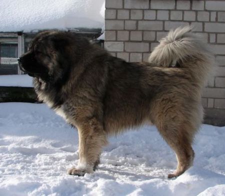 Kaukasischer Schäferhund Kavkazskoy Natsionalnosti NURBEK - Candidate Champion of Poland, Multi Best Male in Breed, Multi Best of Breed Winner, the most winning Junior Male in Poland in the year 2006 (winner of 6 International Shows in Poland in Junior Class + 6 times Best Junior), Junior Champion of Poland, Multi Junior Winner, Multi Best Junior in Breed, Winner of II FCI Junior\\\\\\\\\\\\\\\\\\\\\\\\\\\\\\\\\\\\\\\\\\\\\\\\\\\\\\\\\\\\\\\\\\\\\\\\\\\\\\\\\\\\\\\\\\\\\\\\\\\\\\\\\\\\\\\\\\\\\\\\\\\\\\\\\\\\\\\\\\\\\\\\\\\\\\\\\\\\\\\\\\\\\\\\\\\\\\\\\\\\\\\\\\\\\\\\\\\\\\\\\\\\\\\\\\\\\\\\\\\\\\\\\\\\\\\\\\\\\\\\\\\\\\\\\\\\\\\\\\\\\\\\\\\\\\\\\\\\\\\\\\\\\\\\\\\\\\\\\\\\\\\\\\\\\\\\\\\\\\\\\\\\\\\\\\\\\\\\\\\\\\\\\\\\\\\\\\\\\\\\\\\\\\\\\\\\\\\\\\\\\\\\\\\\\\\\\\\\\\\\\\\\\\\\\\\\\\\\\\\\\\\\\\\\\\\\\\\\\\\\\\\\\\\\\\\\\\\\\\\\\\\\\\\\\\\\\\\\\\\\\\\\\\\\\\\\\\\\\\\\\\\\\\\\\\\\\\\\\\\\\\\\\\\\\\\\\\\\\\\\\\\\\\\\\\\\\\\\\\\\\\\\\\\\\\\\\\\\\\\\\\\\\\\\\\\\\\\\\\\\\\\\\\\\\\\\\\\\\\\\\\\\\\\\\\\\\\\\\\\\\\\\\\\\\\\\\\\\\\\\\\\\\\\\\\\\\\\\\\\\\\\\\\\\\\\\\\\\\\\\\\\\\\\\\\\\\\\\\\\\\\\\\\\\\\\\\\\\\\\\\\\\\\\\\\\\\\\\\\\\\\\\\\\\\\\\\\\\\\\\\\\\\\\\\\\\\\\\\\\\\\\\\\\\\\\\\\\\\\\\\\\\\\\\\\\\\\\\\\\\\\\\\\\\\\\\\\\\\\\\\\\\\\\\\\\\\\\\\\\\\\\\\\\\\\\\\\\\\\\\\\\\\\\\\\\\\\\\\\\\\\\\\\\\\\\\\\\\\\\\\\\\\\\\\\\\\\\\\\\\\\\\\\\\\\\\\\\\\\\\\\\\\\\\\\\\\\\\\\\\\\\\\\\\\\\\\\\\\\\\\\\\\\\\\\\\\\\\\\\\\\\\\\\\\\\\\\\\\\\\\\\\\\\\\\\\\\\\\\\\\\\\\\\\\\\\\\\\\\\\\\\\\\\\\\\\\\\\\\\\\\\\\\\\\\\\\\\\\\\\\\\\\\\\\\\\\\\\\\\\\\\\\\\\\\\\\\\\\\\\\\\\\\\\\\\\\\\\\\\\\\\\\\\\\\\\\\\\\\\\\\\\\\\\\\\\\\\\\\\\\\\\\\\\\\\\\\\\\\\\\\\\\\\\\\\\\\\\\\\\\\\\\\\\\\\\\\\\\\\\\\\\\\\\\\\\\\\\\\\\\\\\\\\\\\\\\\\\\\\\\\\\\\\\\\\\\\\\\\\\\\\\\\\\\\\\\\\\\\\\\\\\\\\\\\\\\\\\\\\\\\\\\\\\\\\\\\\\\\\\\\\\\\\\\\\\\\\\\\\\\\\\\\\\\\\\\\\\\\\\\\\\\\\\\\\\\\\\\\\\\\\\\\\\\\\\\\\\\\\\\\\\\\\\\\\\\\\\\\\\\\\\\\\\\\\\\\\\\\\\\\\\\\\\\\\\\\\\\\\\\\\\\\\\\\\\\\\\\\\\\\\\\\\\\\\\\\\\\\\\\\\\\\\\\\\\\\\\\\\\\\\\\\\\\\\\\\\\\\\\\\\\\\\\\\\\\\\\\\\\\\\\\\\\\\\\\\\\\\\\\\\\\\\\\\\\\\\\\\\\\\\\\\\\\\\\\\\\\\\\\\\\\\\\\\\\\\\\\\\\\\\\\\\\\\\\\\\\\\\\\\\\\\\\\\\\\\\\\\\\\\\\\\\\\\\\\\\\\\\\\\\\\\\\\\\\\\\\\\\\\\\\\\\\\\\\\\\\\\\\\\\\\\\\\\\\\\\\\\\\\\\\\\\\\\\\\\\\\\\\\\\\\\\\\\\\\\\\\\\\\\\\\\\\\\\\\\\\\\\\\\\\\\\\\\\\\\\\\\\\\\\\\\\\\\\\\\\\\\\\\\\\\\\\\\\\\\\\\\\\\\\\\\\\\\\\\\\\\\\\\\\\\\\\\\\\\\\\\\\\\\\\\\\\\\\\\\\\\\\\\\\\\\\\\\\\\\\\\\\\\\\\\\\\\\\\\\\\\\\\\\\\\\\\\\\\\\\\\\\\\\\\\\\\\\\\\\\\\\\\\\\\\\\\\\\\\\\\\\\\\\\\\\\\\\\\\\\\\\\\\\\\\\\\\\\\\\\\\\\\\\\\\\\\\\\\\\\\\\\\\\\\\\\\\\\\\\\\\\\\\\\\\\\\\\\\\\\\\\\\\\\\\\\\\\\\\\\\\\\\\\\\\\\\\\\\\\\\\\\\\\\\\\\\\\\\\\\\\\\\\\\\\\\\\\\\\\\\\\\\\\\\\\\\\\\\\\\\\\\\\\\\\\\\\\\\\\\\\\\\\\\\\\\\\\\\\\\\\\\\\\\\\\\\\\\\\\\\\\\\\\\\\\\\\\\\\\\\\\\\\\\\\\\\\\\\\\\\\\\\\\\\\\\\\\\\\\\\\\\\\\\\\\\\\\\\\\\\\\\\\\\\\\\\\\\\\\\\\\\\\\\\\\\\\\\\\\\\\\\\\\\\\\\\\\\\\\\\\\\\\\\\\\\\\\\\\\\\\\\\\\\\\\\\\\\\\\\\\\\\\\\\\\\\\\\\\\\\\\\\\\\\\\\\\\\\\\\\\\\\\\\\\\\\\\\\\\\\\\\\\\\\\\\\\\\\\\\\\\\\\\\\\\\\\\\\\\\\\\\\\\\\\\\\\\\\\\\\\\\\\\\\\\\\\\\\\\\\\\\\\\\\\\\\\\\\\\\\\\\\\\\\\\\\\\\\\\\\\\\\\\\\\\\\\\\\\\\\\\\\\\\\\\\\\\\\\\\\\\\\\\\\\\\\\\\\\\\\\\\\\\\\\\\\\\\\\\\\\\\\\\\\\\\\\\\\\\\\\\\\\\\\\\\\\\\\\\\\\\\\\\\\\\\\\\\\\\\\\\\\\\\\\\\\\\\\\\\\\\\\\\\\\\\\\\\\\\\\\\\\\\\\\\\\\\\\\\\\\\\\\\\\\\\\\\\\\\\\\\\\\\\\\\\\\\\\\\\\\\\\\\\\\\\\\\\\\\\\\\\\\\\\\\\\\\\\\\\\\\\\\\\\\\\\\\\\\\\\\\\\\\\\\\\\\\\\\\\\\\\\\\\\\\\\\\\\\\\\\\\\\\\\\\\\\\\\\\\\\\\\\\\\\\\\\\\\\\\\\\\\\\\\\\\\\\\\\\\\\\\\\\\\\\\\\\\\\\\\\\\\\\\\\\\\\\\\\\\\\\\\\\\\\\\\\\\\\\\\\\\\\\\\\\\\\\\\\\\\\\\\\\\\\\\\\\\\\\\\\\\\\\\\\\\\\\\\\\\\\\\\\\\\\\\\\\\\\\\\\\\\\\\\\\\\\\\\\\\\\\\\\\\\\\\\\\\\\\\\\\\\\\\\\\\\\\\\\\\\\\\\\\\\\\\\\\\\\\\\\\\\\\\\\\\\\\\\\\\\\\\\\\\\\\\\\\\\\\\\\\\\\\\\\\\\\\\\\\\\\\\\\\\\\\\\\\\\\\\\\\\\\\\\\\\\\\\\\\\\\\\\\\\\\\\\\\\\\\\\\\\\\\\\\\\\\\\\\\\\\\\\\\\\\\\\\\\\\\\\\\\\\\\\\\\\\\\\\\\\\\\\\\\\\\\\\\\\\\\\\\\\\\\\\\\\\\\\\\\\\\\\\\\\\\\\\\\\\\\\\\\\\\\\\\\\\\\\\\\\\\\\\\\\\\\\\\\\\\\\\\\\\\\\\\\\\\\\\\\\\\\\\\\\\\\\\\\\\\\\\\\\\\\\\\\\\\\\\\\\\\\\\\\\\\\\\\\\\\\\\\\\\\\\\\\\\\\\\\\\\\\\\\\\\\\\\\\\\\\\\\\\\\\\\\\\\\\\\\\\\\\\\\\\\\\\\\\\\\\\\\\\\\\\\\\\\\\\\\\\\\\\\\\\\\\\\\\\\\\\\\\\\\\\\\\\\\\\\\\\\\\\\\\\\\\\\\\\\\\\\\\\\\\\\\\\\\\\\\\\\\\\\\\\\\\\\\\\\\\\\\\\\\\\\\\\\\\\\\\\\\\\\\\\\\\\\\\\\\\\\\\\\\\\\\\\\\\\\\\\\\\\\\\\\\\\\\\\\\\\\\\\\\\\\\\\\\\\\\\\\\\\\\\\\\\\\\\\\\\\\\\\\\\\\\\\\\\\\\\\\\\\\\\\\\\\\\\\\\\\\\\\\\\\\\\\\\\\\\\\\\\\\\\\\\\\\\\\\\\\\\\\\\\\\\\\\\\\\\\\\\\\\\\\\\\\\\\\\\\\\\\\\\\\\\\\\\\\\\\\\\\\\\\\\\\\\\\\\\\\\\\\\\\\\\\\\\\\\\\\\\\\\\\\\\\\\\\\\\\\\\\\\\\\\\\\\\\\\\\\\\\\\\\\\\\\\\\\\\\\\\\\\\\\\\\\\\\\\\\\\\\\\\\\\\\\\\\\\\\\\\\\\\\\\\\\\\\\\\\\\\\\\\\\\\\\\\\\\\\\\\\\\\\\\\\\\\\\\\\\\\\\\\\\\\\\\\\\\\\\\\\\\\\\\\\\\\\\\\\\\\\\\\\\\\\\\\\\\\\\\\\\\\\\\\\\\\\\\\\\\\\\\\\\\\\\\\\\\\\\\\\\\\\\\\\\\\\\\\\\\\\\\\\\\\\\\\\\\\\\\\\\\\\\\\\\\\\\\\\\\\\\\\\\\\\\\\\\\\\\\\\\\\\\\\\\\\\\\\\\\\\\\\\\\\\\\\\\\\\\\\\\\\\\\\\\\\\\\\\\\\\\\\\\\\\\\\\\\\\\\\\\\\\\\\\\\\\\\\\\\\\\\\\\\\\\\\\\\\\\\\\\\\\\\\\\\\\\\\\\\\\\\\\\\\\\\\\\\\\\\\\\\\\\\\\\\\\\\\\\\\\\\\\\\\\\\\\\\\\\\\\\\\\\\\\\\\\\\\\\\\\\\\\\\\\\\\\\\\\\\\\\\\\\\\\\\\\\\\\\\\\\\\\\\\\\\\\\\\\\\\\\\\\\\\\\\\\\\\\\\\\\\\\\\\\\\\\\\\\\\\\\\\\\\\\\\\\\\\\\\\\\\\\\\\\\\\\\\\\\\\\\\\\\\\\\\\\\\\\\\\\\\\\\\\\\\\\\\\\\\\\\\\\\\\\\\\\\\\\\\\\\\\\\\\\\\\\\\\\\\\\\\\\\\\\\\\\\\\\\\\\\\\\\\\\\\\\\\\\\\\\\\\\\\\\\\\\\\\\\\\\\\\\\\\\\\\\\\\\\\\\\\\\\\\\\\\\\\\\\\\\\\\\\\\\\\\\\\\\\\\\\\\\\\\\\\\\\\\\\\\\\\\\\\\\\\\\\\\\\\\\\\\\\\\\\\\\\\\\\\\\\\\\\\\\\\\\\\\\\\\\\\\\\\\\\\\\\\\\\\\\\\\\\\\\\\\\\\\\\\\\\\\\\\\\\\\\\\\\\\\\\\\\\\\\\\\\\\\\\\\\\\\\\\\\\\\\\\\\\\\\\\\\\\\\\\\\\\\\\\\\\\\\\\\\\\\\\\\\\\\\\\\\\\\\\\\\\\\\\\\\\\\\\\\\\\\\\\\\\\\\\\\\\\\\\\\\\\\\\\\\\\\\\\\\\\\\\\\\\\\\\\\\\\\\\\\\\\\\\\\\\\\\\\\\\\\\\\\\\\\\\\\\\\\\\\\\\\\\\\\\\\\\\\\\\\\\\\\\\\\\\\\\\\\\\\\\\\\\\\\\\\\\\\\\\\\\\\\\\\\\\\\\\\\\\\\\\\\\\\\\\\\\\\\\\\\\\\\\\\\\\\\\\\\\\\\\\\\\\\\\\\\\\\\\\\\\\\\\\\\\\\\\\\\\\\\\\\\\\\\\\\\\\\\\\\\\\\\\\\\\\\\\\\\\\\\\\\\\\\\\\\\\\\\\\\\\\\\\\\\\\\\\\\\\\\\\\\\\\\\\\\\\\\\\\\\\\\\\\\\\\\\\\\\\\\\\\\\\\\\\\\\\\\\\\\\\\\\\\\\\\\\\\\\\\\\\\\\\\\\\\\\\\\\\\\\\\\\\\\\\\\\\\\\\\\\\\\\\\\\\\\\\\\\\\\\\\\\\\\\\\\\\\\\\\\\\\\\\\\\\\\\\\\\\\\\\\\\\\\\\\\\\\\\\\\\\\\\\\\\\\\\\\\\\\\\\\\\\\\\\\\\\\\\\\\\\\\\\\\\\\\\\\\\\\\\\\\\\\\\\\\\\\\\\\\\\\\\\\\\\\\\\\\\\\\\\\\\\\\\\\\\\\\\\\\\\\\\\\\\\\\\\\\\\\\\\\\\\\\\\\\\\\\\\\\\\\\\\\\\\\\\\\\\\\\\\\\\\\\\\\\\\\\\\\\\\\\\\\\\\\\\\\\\\\\\\\\\\\\\\\\\\\\\\\\\\\\\\\\\\\\\\\\\\\\\\\\\\\\\\\\\\\\\\\\\\\\\\\\\\\\\\\\\\\\\\\\\\\\\\\\\\\\\\\\\\\\\\\\\\\\\\\\\\\\\\\\\\\\\\\\\\\\\\\\\\\\\\\\\\\\\\\\\\\\\\\\\\\\\\\\\\\\\\\\\\\\\\\\\\\\\\\\\\\\\\\\\\\\\\\\\\\\\\\\\\\\\\\\\\\\\\\\\\\\\\\\\\\\\\\\\\\\\\\\\\\\\\\\\\\\\\\\\\\\\\\\\\\\\\\\\\\\\\\\\\\\\\\\\\\\\\\\\\\\\\\\\\\\\\\\\\\\\\\\\\\\\\\\\\\\\\\\\\\\\\\\\\\\\\\\\\\\\\\\\\\\\\\\\\\\\\\\\\\\\\\\\\\\\\\\\\\\\\\\\\\\\\\\\\\\\\\\\\\\\\\\\\\\\\\\\\\\\\\\\\\\\\\\\\\\\\\\\\\\\\\\\\\\\\\\\\\\\\\\\\\\\\\\\\\\\\\\\\\\\\\\\\\\\\\\\\\\\\\\\\\\\\\\\\\\\\\\\\\\\\\\\\\\\\\\\\\\\\\\\\\\\\\\\\\\\\\\\\\\\\\\\\\\\\\\\\\\\\\\\\\\\\\\\\\\\\\\\\\\\\\\\\\\\\\\\\\\\\\\\\\\\\\\\\\\\\\\\\\\\\\\\\\\\\\\\\\\\\\\\\\\\\\\\\\\\\\\\\\\\\\\\\\\\\\\\\\\\\\\\\\\\\\\\\\\\\\\\\\\\\\\\\\\\\\\\\\\\\\\\\\\\\\\\\\\\\\\\\\\\\\\\\\\\\\\\\\\\\\\\\\\\\\\\\\\\\\\\\\\\\\\\\\\\\\\\\\\\\\\\\\\\\\\\\\\\\\\\\\\\\\\\\\\\\\\\\\\\\\\\\\\\\\\\\\\\\\\\\\\\\\\\\\\\\\\\\\\\\\\\\\\\\\\\\\\\\\\\\\\\\\\\\\\\\\\\\\\\\\\\\\\\\\\\\\\\\\\\\\\\\\\\\\\\\\\\\\\\\\\\\\\\\\\\\\\\\\\\\\\\\\\\\\\\\\\\\\\\\\\\\\\\\\\\\\\\\\\\\\\\\\\\\\\\\\\\\\\\\\\\\\\\\\\\\\\\\\\\\\\\\\\\\\\\\\\\\\\\\\\\\\\\\\\\\\\\\\\\\\\\\\\\\\\\\\\\\\\\\\\\\\\\\\\\\\\\\\\\\\\\\\\\\\\\\\\\\\\\\\\\\\\\\\\\\\\\\\\\\\\\\\\\\\\\\\\\\\\\\\\\\\\\\\\\\\\\\\\\\\\\\\\\\\\\\\\\\\\\\\\\\\\\\\\\\\\\\\\\\\\\\\\\\\\\\\\\\\\\\\\\\\\\\\\\\\\\\\\\\\\\\\\\\\\\\\\\\\\\\\\\\\\\\\\\\\\\\\\\\\\\\\\\\\\\\\\\\\\\\\\\\\\\\\\\\\\\\\\\\\\\\\\\\\\\\\\\\\\\\\\\\\\\\\\\\\\\\\\\\\\\\\\\\\\\\\\\\\\\\\\\\\\\\\\\\\\\\\\\\\\\\\\\\\\\\\\\\\\\\\\\\\\\\\\\\\\\\\\\\\\\\\\\\\\\\\\\\\\\\\\\\\\\\\\\\\\\\\\\\\\\\\\\\\\\\\\\\\\\\\\\\\\\\\\\\\\\\\\\\\\\\\\\\\\\\\\\\\\\\\\\\\\\\\\\\\\\\\\\\\\\\\\\\\\\\\\\\\\\\\\\\\\\\\\\\\\\\\\\\\\\\\\\\\\\\\\\\\\\\\\\\\\\\\\\\\\\\\\\\\\\\\\\\\\\\\\\\\\\\\\\\\\\\\\\\\\\\\\\\\\\\\\\\\\\\\\\\\\\\\\\\\\\\\\\\\\\\\\\\\\\\\\\\\\\\\\\\\\\\\\\\\\\\\\\\\\\\\\\\\\\\\\\\\\\\\\\\\\\\\\\\\\\\\\\\\\\\\\\\\\\\\\\\\\\\\\\\\\\\\\\\\\\\\\\\\\\\\\\\\\\\\\\\\\\\\\\\\\\\\\\\\\\\\\\\\\\\\\\\\\\\\\\\\\\\\\\\\\\\\\\\\\\\\\\\\\\\\\\\\\\\\\\\\\\\\\\\\\\\\\\\\\\\\\\\\\\\\\\\\\\\\\\\\\\\\\\\\\\\\\\\\\\\\\\\\\\\\\\\\\\\\\\\\\\\\\\\\\\\\\\\\\\\\\\\\\\\\\\\\\\\\\\\\\\\\\\\\\\\\\\\\\\\\\\\\\\\\\\\\\\\\\\\\\\\\\\\\\\\\\\\\\\\\\\\\\\\\\\\\\\\\\\\\\\\\\\\\\\\\\\\\\\\\\\\\\\\\\\\\\\\\\\\\\\\\\\\\\\\\\\\\\\\\\\\\\\\\\\\\\\\\\\\\\\\\\\\\\\\\\\\\\\\\\\\\\\\\\\\\\\\\\\\\\\\\\\\\\\\\\\\\\\\\\\\\\\\\\\\\\\\\\\\\\\\\\\\\\\\\\\\\\\\\\\\\\\\\\\\\\\\\\\\\\\\\\\\\\\\\\\\\\\\\\\\\\\\\\\\\\\\\\\\\\\\\\\\\\\\\\\\\\\\\\\\\\\\\\\\\\\\\\\\\\\\\\\\\\\\\\\\\\\\\\\\\\\\\\\\\\\\\\\\\\\\\\\\\\\\\\\\\\\\\\\\\\\\\\\\\\\\\\\\\\\\\\\\\\\\\\\\\\\\\\\\\\\\\\\\\\\\\\\\\\\\\\\\\\\\\\\\\\\\\\\\\\\\\\\\\\\\\\\\\\\\\\\\\\\\\\\\\\\\\\\\\\\\\\\\\\\\\\\\\\\\\\\\\\\\\\\\\\\\\\\\\\\\\\\\\\\\\\\\\\\\\\\\\\\\\\\\\\\\\\\\\\\\\\\\\\\\\\\\\\\\\\\\\\\\\\\\\\\\\\\\\\\\\\\\\\\\\\\\\\\\\\\\\\\\\\\\\\\\\\\\\\\\\\\\\\\\\\\\\\\\\\\\\\\\\\\\\\\\\\\\\\\\\\\\\\\\\\\\\\\\\\\\\\\\\\\\\\\\\\\\\\\\\\\\\\\\\\\\\\\\\\\\\\\\\\\\\\\\\\\\\\\\\\\\\\\\\\\\\\\\\\\\\\\\\\\\\\\\\\\\\\\\\\\\\\\\\\\\\\\\\\\\\\\\\\\\\\\\\\\\\\\\\\\\\\\\\\\\\\\\\\\\\\\\\\\\\\\\\\\\\\\\\\\\\\\\\\\\\\\\\\\\\\\\\\\\\\\\\\\\\\\\\\\\\\\\\\\\\\\\\\\\\\\\\\\\\\\\\\\\\\\\\\\\\\\\\\\\\\\\\\\\\\\\\\\\\\\\\\\\\\\\\\\\\\\\\\\\\\\\\\\\\\\\\\\\\\\\\\\\\\\\\\\\\\\\\\\\\\\\\\\\\\\\\\\\\\\\\\\\\\\\\\\\\\\\\\\\\\\\\\\\\\\\\\\\\\\\\\\\\\\\\\\\\\\\\\\\\\\\\\\\\\\\\\\\\\\\\\\\\\\\\\\\\\\\\\\\\\\\\\\\\\\\\\\\\\\\\\\\\\\\\\\\\\\\\\\\\\\\\\\\\\\\\\\\\\\\\\\\\\\\\\\\\\\\\\\\\\\\\\\\\\\\\\\\\\\\\\\\\\\\\\\\\\\\\\\\\\\\\\\\\\\\\\\\\\\\\\\\\\\\\\\\\\\\\\\\\\\\\\\\\\\\\\\\\\\\\\\\\\\\\\\\\\\\\\\\\\\\\\\\\\\\\\\\\\\\\\\\\\\\\\\\\\\\\\\\\\\\\\\\\\\\\\\\\\\\\\\\\\\\\\\\\\\\\\\\\\\\\\\\\\\\\\\\\\\\\\\\\\\\\\\\\\\\\\\\\\\\\\\\\\\\\\\\\\\\\\\\\\\\\\\\\\\\\\\\\\\\\\\\\\\\\\\\\\\\\\\\\\\\\\\\\\\\\\\\\\\\\\\\\\\\\\\\\\\\\\\\\\\\\\\\\\\\\\\\\\\\\\\\\\\\\\\\\\\\\\\\\\\\\\\\\\\\\\\\\\\\\\\\\\\\\\\\\\\\\\\\\\\\\\\\\\\\\\\\\\\\\\\\\\\\\\\\\\\\\\\\\\\\\\\\\\\\\\\\\\\\\\\\\\\\\\\\\\\\\\\\\\\\\\\\\\\\\\\\\\\\\\\\\\\\\\\\\\\\\\\\\\\\\\\\\\\\\\\\\\\\\\\\\\\\\\\\\\\\\\\\\\\\\\\\\\\\\\\\\\\\\\\\\\\\\\\\\\\\\\\\\\\\\\\\\\\\\\\\\\\\\\\\\\\\\\\\\\\\\\\\\\\\\\\\\\\\\\\\\\\\\\\\\\\\\\\\\\\\\\\\\\\\\\\\\\\\\\\\\\\\\\\\\\\\\\\\\\\\\\\\\\\\\\\\\\\\\\\\\\\\\\\\\\\\\\\\\\\\\\\\\\\\\\\\\\\\\\\\\\\\\\\\\\\\\\\\\\\\\\\\\\\\\\\\\\\\\\\\\\\\\\\\\\\\\\\\\\\\\\\\\\\\\\\\\\\\\\\\\\\\\\\\\\\\\\\\\\\\\\\\\\\\\\\\\\\\\\\\\\\\\\\\\\\\\\\\\\\\\\\\\\\\\\\\\\\\\\\\\\\\\\\\\\\\\\\\\\\\\\\\\\\\\\\\\\\\\\\\\\\\\\\\\\\\\\\\\\\\\\\\\\\\\\\\\\\\\\\\\\\\\\\\\\\\\\\\\\\\\\\\\\\\\\\\\\\\\\\\\\\\\\\\\\\\\\\\\\\\\\\\\\\\\\\\\\\\\\\\\\\\\\\\\\\\\\\\\\\\\\\\\\\\\\\\\\\\\\\\\\\\\\\\\\\\\\\\\\\\\\\\\\\\\\\\\\\\\\\\\\\\\\\\\\\\\\\\\\\\\\\\\\\\\\\\\\\\\\\\\\\\\\\\\\\\\\\\\\\\\\\\\\\\\\\\\\\\\\\\\\\\\\\\\\\\\\\\\\\\\\\\\\\\\\\\\\\\\\\\\\\\\\\\\\\\\\\\\\\\\\\\\\\\\\\\\\\\\\\\\\\\\\\\\\\\\\\\\\\\\\\\\\\\\\\\\\\\\\\\\\\\\\\\\\\\\\\\\\\\\\\\\\\\\\\\\\\\\\\\\\\\\\\\\\\\\\\\\\\\\\\\\\\\\\\\\\\\\\\\\\\\\\\\\\\\\\\\\\\\\\\\\\\\\\\\\\\\\\\\\\\\\\\\\\\\\\\\\\\\\\\\\\\\\\\\\\\\\\\\\\\\\\\\\\\\\\\\\\\\\\\\\\\\\\\\\\\\\\\\\\\\\\\\\\\\\\\\\\\\\\\\\\\\\\\\\\\\\\\\\\\\\\\\\\\\\\\\\\\\\\\\\\\\\\\\\\\\\\\\\\\\\\\\\\\\\\\\\\\\\\\\\\\\\\\\\\\\\\\\\\\\\\\\\\\\\\\\\\\\\\\\\\\\\\\\\\\\\\\\\\\\\\\\\\\\\\\\\\\\\\\\\\\\\\\\\\\\\\\\\\\\\\\\\\\\\\\\\\\\\\\\\\\\\\\\\\\\\\\\\\\\\\\\\\\\\\\\\\\\\\\\\\\\\\\\\\\\\\\\\\\\\\\\\\\\\\\\\\\\\\\\\\\\\\\\\\\\\\\\\\\\\\\\\\\\\\\\\\\\\\\\\\\\\\\\\\\\\\\\\\\\\\\\\\\\\\\\\\\\\\\\\\\\\\\\\\\\\\\\\\\\\\\\\\\\\\\\\\\\\\\\\\\\\\\\\\\\\\\\\\\\\\\\\\\\\\\\\\\\\\\\\\\\\\\\\\\\\\\\\\\\\\\\\\\\\\\\\\\\\\\\\\\\\\\\\\\\\\\\\\\\\\\\\\\\\\\\\\\\\\\\\\\\\\\\\\\\\\\\\\\\\\\\\\\\\\\\\\\\\\\\\\\\\\\\\\\\\\\\\\\\\\\\\\\\\\\\\\\\\\\\\\\\\\\\\\\\\\\\\\\\\\\\\\\\\\\\\\\\\\\\\\\\\\\\\\\\\\\\\\\\\\\\\\\\\\\\\\\\\\\\\\\\\\\\\\\\\\\\\\\\\\\\\\\\\\\\\\\\\\\\\\\\\\\\\\\\\\\\\\\\\\\\\\\\\\\\\\\\\\\\\\\\\\\\\\\\\\\\\\\\\\\\\\\\\\\\\\\\\\\\\\\\\\\\\\\\\\\\\\\\\\\\\\\\\\\\\\\\\\\\\\\\\\\\\\\\\\\\\\\\\\\\\\\\\\\\\\\\\\\\\\\\\\\\\\\\\\\\\\\\\\\\\\\\\\\\\\\\\\\\\\\\\\\\\\\\\\\\\\\\\\\\\\\\\\\\\\\\\\\\\\\\\\\\\\\\\\\\\\\\\\\\\\\\\\\\\\\\\\\\\\\\\\\\\\\\\\\\\\\\\\\\\\\\\\\\\\\\\\\\\\\\\\\\\\\\\\\\\\\\\\\\\\\\\\\\\\\\\\\\\\\\\\\\\\\\\\\\\\\\\\\\\\\\\\\\\\\\\\\\\\\\\\\\\\\\\\\\\\\\\\\\\\\\\\\\\\\\\\\\\\\\\\\\\\\\\\\\\\\\\\\\\\\\\\\\\\\\\\\\\\\\\\\\\\\\\\\\\\\\\\\\\\\\\\\\\\\\\\\\\\\\\\\\\\\\\\\\\\\\\\\\\\\\\\\\\\\\\\\\\\\\\\\\\\\\\\\\\\\\\\\\\\\\\\\\\\\\\\\\\\\\\\\\\\\\\\\\\\\\\\\\\\\\\\\\\\\\\\\\\\\\\\\\\\\\\\\\\\\\\\\\\\\\\\\\\\\\\\\\\\\\\\\\\\\\\\\\\\\\\\\\\\\\\\\\\\\\\\\\\\\\\\\\\\\\\\\\\\\\\\\\\\\\\\\\\\\\\\\\\\\\\\\\\\\\\\\\\\\\\\\\\\\\\\\\\\\\\\\\\\\\\\\\\\\\\\\\\\\\\\\\\\\\\\\\\\\\\\\\\\\\\\\\\\\\\\\\\\\\\\\\\\\\\\\\\\\\\\\\\\\\\\\\\\\\\\\\\\\\\\\\\\\\\\\\\\\\\\\\\\\\\\\\\\\\\\\\\\\\\\\\\\\\\\\\\\\\\\\\\\\\\\\\\\\\\\\\\\\\\\\\\\\\\\\\\\\\\\\\\\\\\\\\\\\\\\\\\\\\\\\\\\\\\\\\\\\\\\\\\\\\\\\\\\\\\\\\\\\\\\\\\\\\\\\\\\\\\\\\\\\\\\\\\\\\\\\\\\\\\\\\\\\\\\\\\\\\\\\\\\\\\\\\\\\\\\\\\\\\\\\\\\\\\\\\\\\\\\\\\\\\\\\\\\\\\\\\\\\\\\\\\\\\\\\\\\\\\\\\\\\\\\\\\\\\\\\\\\\\\\\\\\\\\\\\\\\\\\\\\\\\\\\\\\\\\\\\\\\\\\\\\\\\\\\\\\\\\\\\\\\\\\\\\\\\\\\\\\\\\\\\\\\\\\\\\\\\\\\\\\\\\\\\\\\\\\\\\\\\\\\\\\\\\\\\\\\\\\\\\\\\\\\\\\\\\\\\\\\\\\\\\\\\\\\\\\\\\\\\\\\\\\\\\\\\\\\\\\\\\\\\\\\\\\\\\\\\\\\\\\\\\\\\\\\\\\\\\\\\\\\\\\\\\\\\\\\\\\\\\\\\\\\\\\\\\\\\\\\\\\\\\\\\\\\\\\\\\\\\\\\\\\\\\\\\\\\\\\\\\\\\\\\\\\\\\\\\\\\\\\\\\\\\\\\\\\\\\\\\\\\\\\\\\\\\\\\\\\\\\\\\\\\\\\\\\\\\\\\\\\\\\\\\\\\\\\\\\\\\\\\\\\\\\\\\\\\\\\\\\\\\\\\\\\\\\\\\\\\\\\\\\\\\\\\\\\\\\\\\\\\\\\\\\\\\\\\\\\\\\\\\\\\\\\\\\\\\\\\\\\\\\\\\\\\\\\\\\\\\\\\\\\\\\\\\\\\\\\\\\\\\\\\\\\\\\\\\\\\\\\\\\\\\\\\\\\\\\\\\\\\\\\\\\\\\\\\\\\\\\\\\\\\\\\\\\\\\\\\\\\\\\\\\\\\\\\\\\\\\\\\\\\\\\\\\\\\\\\\\\\\\\\\\\\\\\\\\\\\\\\\\\\\\\\\\\\\\\\\\\\\\\\\\\\\\\\\\\\\\\\\\\\\\\\\\\\\\\\\\\\\\\\\\\\\\\\\\\\\\\\\\\\\\\\\\\\\\\\\\\\\\\\\\\\\\\\\\\\\\\\\\\\\\\\\\\\\\\\\\\\\\\\\\\\\\\\\\\\\\\\\\\\\\\\\\\\\\\\\\\\\\\\\\\\\\\\\\\\\\\\\\\\\\\\\\\\\\\\\\\\\\\\\\\\\\\\\\\\\\\\\\\\\\\\\\\\\\\\\\\\\\\\\\\\\\\\\\\\\\\\\\\\\\\\\\\\\\\\\\\\\\\\\\\\\\\\\\\\\\\\\\\\\\\\\\\\\\\\\\\\\\\\\\\\\\\\\\\\\\\\\\\\\\\\\\\\\\\\\\\\\\\\\\\\\\\\\\\\\\\\\\\\\\\\\\\\\\\\\\\\\\\\\\\\\\\\\\\\\\\\\\\\\\\\\\\\\\\\\\\\\\\\\\\\\\\\\\\\\\\\\\\\\\\\\\\\\\\\\\\\\\\\\\\\\\\\\\\\\\\\\\\\\\\\\\\\\\\\\\\\\\\\\\\\\\\\\\\\\\\\\\\\\\\\\\\\\\\\\\\\\\\\\\\\\\\\\\\\\\\\\\\\\\\\\\\\\\\\\\\\\\\\\\\\\\\\\\\\\\\\\\\\\\\\\\\\\\\\\\\\\\\\\\\\\\\\\\\\\\\\\\\\\\\\\\\\\\\\\\\\\\\\\\\\\\\\\\\\\\\\\\\\\\\\\\\\\\\\\\\\\\\\\\\\\\\\\\\\\\\\\\\\\\\\\\\\\\\\\\\\\\\\\\\\\\\\\\\\\\\\\\\\\\\\\\\\\\\\\\\\\\\\\\\\\\\\\\\\\\\\\\\\\\\\\\\\\\\\\\\\\\\\\\\\\\\\\\\\\\\\\\\\\\\\\\\\\\\\\\\\\\\\\\\\\\\\\\\\\\\\\\\\\\\\\\\\\\\\\\\\\\\\\\\\\\\\\\\\\\\\\\\\\\\\\\\\\\\\\\\\\\\\\\\\\\\\\\\\\\\\\\\\\\\\\\\\\\\\\\\\\\\\\\\\\\\\\\\\\\\\\\\\\\\\\\\\\\\\\\\\\\\\\\\\\\\\\\\\\\\\\\\\\\\\\\\\\\\\\\\\\\\\\\\\\\\\\\\\\\\\\\\\\\\\\\\\\\\\\\\\\\\\\\\\\\\\\\\\\\\\\\\\\\\\\\\\\\\\\\\\\\\\\\\\\\\\\\\\\\\\\\\\\\\\\\\\\\\\\\\\\\\\\\\\\\\\\\\\\\\\\\\\\\\\\\\\\\\\\\\\\\\\\\\\\\\\\\\\\\\\\\\\\\\\\\\\\\\\\\\\\\\\\\\\\\\\\\\\\\\\\\\\\\\\\\\\\\\\\\\\\\\\\\\\\\\\\\\\\\\\\\\\\\\\\\\\\\\\\\\\\\\\\\\\\\\\\\\\\\\\\\\\\\\\\\\\\\\\\\\\\\\\\\\\\\\\\\\\\\\\\\\\\\\\\\\\\\\\\\\\\\\\\\\\\\\\\\\\\\\\\\\\\\\\\\\\\\\\\\\\\\\\\\\\\\\\\\\\\\\\\\\\\\\\\\\\\\\\\\\\\\\\\\\\\\\\\\\\\\\\\\\\\\\\\\\\\\\\\\\\\\\\\\\\\\\\\\\\\\\\\\\\\\\\\\\\\\\\\\\\\\\\\\\\\\\\\\\\\\\\\\\\\\\\\\\\\\\\\\\\\\\\\\\\\\\\\\\\\\\\\\\\\\\\\\\\\\\\\\\\\\\\\\\\\\\\\\\\\\\\\\\\\\\\\\\\\\\\\\\\\\\\\\\\\\\\\\\\\\\\\\\\\\\\\\\\\\\\\\\\\\\\\\\\\\\\\\\\\\\\\\\\\\\\\\\\\\\\\\\\\\\\\\\\\\\\\\\\\\\\\\\\\\\\\\\\\\\\\\\\\\\\\\\\\\\\\\\\\\\\\\\\\\\\\\\\\\\\\\\\\\\\\\\\\\\\\\\\\\\\\\\\\\\\\\\\\\\\\\\\\\\\\\\\\\\\\\\\\\\\\\\\\\\\\\\\\\\\\\\\\\\\\\\\\\\\\\\\\\\\\\\\\\\\\\\\\\\\\\\\\\\\\\\\\\\\\\\\\\\\\\\\\\\\\\\\\\\\\\\\\\\\\\\\\\\\\\\\\\\\\\\\\\\\\\\\\\\\\\\\\\\\\\\\\\\\\\\\\\\\\\\\\\\\\\\\\\\\\\\\\\\\\\\\\\\\\\\\\\\\\\\\\\\\\\\\\\\\\\\\\\\\\\\\\\\\\\\\\\\\\\\\\\\\\\\\\\\\\\\\\\\\\\\\\\\\\\\\\\\\\\\\\\\\\\\\\\\\\\\\\\\\\\\\\\\\\\\\\\\\\\\\\\\\\\\\\\\\\\\\\\\\\\\\\\\\\\\\\\\\\\\\\\\\\\\\\\\\\\\\\\\\\\\\\\\\\\\\\\\\\\\\\\\\\\\\\\\\\\\\\\\\\\\\\\\\\\\\\\\\\\\\\\\\\\\\\\\\\\\\\\\\\\\\\\\\\\\\\\\\\\\\\\\\\\\\\\\\\\\\\\\\\\\\\\\\\\\\\\\\\\\\\\\\\\\\\\\\\\\\\\\\\\\\\\\\\\\\\\\\\\\\\\\\\\\\\\\\\\\\\\\\\\\\\\\\\\\\\\\\\\\\\\\\\\\\\\\\\\\\\\\\\\\\\\\\\\\\\\\\\\\\\\\\\\\\\\\\\\\\\\\\\\\\\\\\\\\\\\\\\\\\\\\\\\\\\\\\\\\\\\\\\\\\\\\\\\\\\\\\\\\\\\\\\\\\\\\\\\\\\\\\\\\\\\\\\\\\\\\\\\\\\\\\\\\\\\\\\\\\\\\\\\\\\\\\\\\\\\\\\\\\\\\\\\\\\\\\\\\\\\\\\\\\\\\\\\\\\\\\\\\\\\\\\\\\\\\\\\\\\\\\\\\\\\\\\\\\\\\\\\\\\\\\\\\\\\\\\\\\\\\\\\\\\\\\\\\\\\\\\\\\\\\\\\\\\\\\\\\\\\\\\\\\\\\\\\\\\\\\\\\\\\\\\\\\\\\\\\\\\\\\\\\\\\\\\\\\\\\\\\\\\\\\\\\\\\\\\\\\\\\\\\\\\\\\\\\\\\\\\\\\\\\\\\\\\\\\\\\\\\\\\\\\\\\\\\\\\\\\\\\\\\\\\\\\\\\\\\\\\\\\\\\\\\\\\\\\\\\\\\\\\\\\\\\\\\\\\\\\\\\\\\\\\\\\\\\\\\\\\\\\\\\\\\\\\\\\\\\\\\\\\\\\\\\\\\\\\\\\\\\\\\\\\\\\\\\\\\\\\\\\\\\\\\\\\\\\\\\\\\\\\\\\\\\\\\\\\\\\\\\\\\\\\\\\\\\\\\\\\\\\\\\\\\\\\\\\\\\\\\\\\\\\\\\\\\\\\\\\\\\\\\\\\\\\\\\\\\\\\\\\\\\\\\\\\\\\\\\\\\\\\\\\\\\\\\\\\\\\\\\\\\\\\\\\\\\\\\\\\\\\\\\\\\\\\\\\\\\\\\\\\\\\\\\\\\\\\\\\\\\\\\\\\\\\\\\\\\\\\\\\\\\\\\\\\\\\\\\\\\\\\\\\\\\\\\\\\\\\\\\\\\\\\\\\\\\\\\\\\\\\\\\\\\\\\\\\\\\\\\\\\\\\\\\\\\\\\\\\\\\\\\\\\\\\\\\\\\\\\\\\\\\\\\\\\\\\\\\\\\\\\\\\\\\\\\\\\\\\\\\\\\\\\\\\\\\\\\\\\\\\\\\\\\\\\\\\\\\\\\\\\\\\\\\\\\\\\\\\\\\\\\\\\\\\\\\\\\\\\\\\\\\\\\\\\\\\\\\\\\\\\\\\\\\\\\\\\\\\\\\\\\\\\\\\\\\\\\\\\\\\\\\\\\\\\\\\\\\\\\\\\\\\\\\\\\\\\\\\\\\\\\\\\\\\\\\\\\\\\\\\\\\\\\\\\\\\\\\\\\\\\\\\\\\\\\\\\\\\\\\\\\\\\\\\\\\\\\\\\\\\\\\\\\\\\\\\\\\\\\\\\\\\\\\\\\\\\\\\\\\\\\\\\\\\\\\\\\\\\\\\\\\\\\\\\\\\\\\\\\\\\\\\\\\\\\\\\\\\\\\\\\\\\\\\\\\\\\\\\\\\\\\\\\\\\\\\\\\\\\\\\\\\\\\\\\\\\\\\\\\\\\\\\\\\\\\\\\\\\\\\\\\\\\\\\\\\\\\\\\\\\\\\\\\\\\\\\\\\\\\\\\\\\\\\\\\\\\\\\\\\\\\\\\\\\\\\\\\\\\\\\\\\\\\\\\\\\\\\\\\\\\\\\\\\\\\\\\\\\\\\\\\\\\\\\\\\\\\\\\\\\\\\\\\\\\\\\\\\\\\\\\\\\\\\\\\\\\\\\\\\\\\\\\\\\\\\\\\\\\\\\\\\\\\\\\\\\\\\\\\\\\\\\\\\\\\\\\\\\\\\\\\\\\\\\\\\\\\\\\\\\\\\\\\\\\\\\\\\\\\\\\\\\\\\\\\\\\\\\\\\\\\\\\\\\\\\\\\\\\\\\\\\\\\\\\\\\\\\\\\\\\\\\\\\\\\\\\\\\\\\\\\\\\\\\\\\\\\\\\\\\\\\\\\\\\\\\\\\\\\\\\\\\\\\\\\\\\\\\\\\\\\\\\\\\\\\\\\\\\\\\\\\\\\\\\\\\\\\\\\\\\\\\\\\\\\\\\\\\\\\\\\\\\\\\\\\\\\\\\\\\\\\\\\\\\\\\\\\\\\\\\\\\\\\\\\\\\\\\\\\\\\\\\\\\\\\\\\\\\\\\\\\\\\\\\\\\\\\\\\\\\\\\\\\\\\\\\\\\\\\\\\\\\\\\\\\\\\\\\\\\\\\\\\\\\\\\\\\\\\\\\\\\\\\\\\\\\\\\\\\\\\\\\\\\\\\\\\\\\\\\\\\\\\\\\\\\\\\\\\\\\\\\\\\\\\\\\\\\\\\\\\\\\\\\\\\\\\\\\\\\\\\\\\\\\\\\\\\\\\\\\\\\\\\\\\\\\\\\\\\\\\\\\\\\\\\\\\\\\\\\\\\\\\\\\\\\\\\\\\\\\\\\\\\\\\\\\\\\\\\\\\\\\\\\\\\\\\\\\\\\\\\\\\\\\\\\\\\\\\\\\\\\\\\\\\\\\\\\\\\\\\\\\\\\\\\\\\\\\\\\\\\\\\\\\\\\\\\\\\\\\\\\\\\\\\\\\\\\\\\\\\\\\\\\\\\\\\\\\\\\\\\\\\\\\\\\\\\\\\\\\\\\\\\\\\\\\\\\\\\\\\\\\\\\\\\\\\\\\\\\\\\\\\\\\\\\\\\\\\\\\\\\\\\\\\\\\\\\\\\\\\\\\\\\\\\\\\\\\\\\\\\\\\\\\\\\\\\\\\\\\\\\\\\\\\\\\\\\\\\\\\\\\\\\\\\\\\\\\\\\\\\\\\\\\\\\\\\\\\\\\\\\\\\\\\\\\\\\\\\\\\\\\\\\\\\\\\\\\\\\\\\\\\\\\\\\\\\\\\\\\\\\\\\\\\\\\\\\\\\\\\\\\\\\\\\\\\\\\\\\\\\\\\\\\\\\\\\\\\\\\\\\\\\\\\\\\\\\\\\\\\\\\\\\\\\\\\\\\\\\\\\\\\\\\\\\\\\\\\\\\\\\\\\\\\\\\\\\\\\\\\\\\\\\\\\\\\\\\\\\\\\\\\\\\\\\\\\\\\\\\\\\\\\\\\\\\\\\\\\\\\\\\\\\\\\\\\\\\\\\\\\\\\\\\\\\\\\\\\\\\\\\\\\\\\\\\\\\\\\\\\\\\\\\\\\\\\\\\\\\\\\\\\\\\\\\\\\\\\\\\\\\\\\\\\\\\\\\\\\\\\\\\\\\\\\\\\\\\\\\\\\\\\\\\\\\\\\\\\\\\\\\\\\\\\\\\\\\\\\\\\\\\\\\\\\\\\\\\\\\\\\\\\\\\\\\\\\\\\\\\\\\\\\\\\\\\\\\\\\\\\\\\\\\\\\\\\\\\\\\\\\\\\\\\\\\\\\\\\\\\\\\\\\\\\\\\\\\\\\\\\\\\\\\\\\\\\\\\\\\\\\\\\\\\\\\\\\\\\\\\\\\\\\\\\\\\\\\\\\\\\\\\\\\\\\\\\\\\\\\\\\\\\\\\\\\\\\\\\\\\\\\\\\\\\\\\\\\\\\\\\\\\\\\\\\\\\\\\\\\\\\\\\\\\\\\\\\\\\\\\\\\\\\\\\\\\\\\\\\\\\\\\\\\\\\\\\\\\\\\\\\\\\\\\\\\\\\\\\\\\\\\\\\\\\\\\\\\\\\\\\\\\\\\\\\\\\\\\\\\\\\\\\\\\\\\\\\\\\\\\\\\\\\\\\\\\\\\\\\\\\\\\\\\\\\\\\\\\\\\\\\\\\\\\\\\\\\\\\\\\\\\\\\\\\\\\\\\\\\\\\\\\\\\\\\\\\\\\\\\\\\\\\\\\\\\\\\\\\\\\\\\\\\\\\\\\\\\\\\\\\\\\\\\\\\\\\\\\\\\\\\\\\\\\\\\\\\\\\\\\\\\\\\\\\\\\\\\\\\\\\\\\\\\\\\\\\\\\\\\\\\\\\\\\\\\\\\\\\\\\\\\\\\\\\\\\\\\\\\\\\\\\\\\\\\\\\\\\\\\\\\\\\\\\\\\\\\\\\\\\\\\\\\\\\\\\\\\\\\\\\\\\\\\\\\\\\\\\\\\\\\\\\\\\\\\\\\\\\\\\\\\\\\\\\\\\\\\\\\\\\\\\\\\\\\\\\\\\\\\\\\\\\\\\\\\\\\\\\\\\\\\\\\\\\\\\\\\\\\\\\\\\\\\\\\\\\\\\\\\\\\\\\\\\\\\\\\\\\\\\\\\\\\\\\\\\\\\\\\\\\\\\\\\\\\\\\\\\\\\\\\\\\\\\\\\\\\\\\\\\\\\\\\\\\\\\\\\\\\\\\\\\\\\\\\\\\\\\\\\\\\\\\\\\\\\\\\\\\\\\\\\\\\\\\\\\\\\\\\\\\\\\\\\\\\\\\\\\\\\\\\\\\\\\\\\\\\\\\\\\\\\\\\\\\\\\\\\\\\\\\\\\\\\\\\\\\\\\\\\\\\\\\\\\\\\\\\\\\\\\\\\\\\\\\\\\\\\\\\\\\\\\\\\\\\\\\\\\\\\\\\\\\\\\\\\\\\\\\\\\\\\\\\\\\\\\\\\\\\\\\\\\\\\\\\\\\\\\\\\\\\\\\\\\\\\\\\\\\\\\\\\\\\\\\\\\\\\\\\\\\\\\\\\\\\\\\\\\\\\\\\\\\\\\\\\\\\\\\\\\\\\\\\\\\\\\\\\\\\\\\\\\\\\\\\\\\\\\\\\\\\\\\\\\\\\\\\\\\\\\\\\\\\\\\\\\\\\\\\\\\\\\\\\\\\\\\\\\\\\\\\\\\\\\\\\\\\\\\\\\\\\\\\\\\\\\\\\\\\\\\\\\\\\\\\\\\\\\\\\\\\\\\\\\\\\\\\\\\\\\\\\\\\\\\\\\\\\\\\\\\\\\\\\\\\\\\\\\\\\\\\\\\\\\\\\\\\\\\\\\\\\\\\\\\\\\\\\\\\\\\\\\\\\\\\\\\\\\\\\\\\\\\\\\\\\\\\\\\\\\\\\\\\\\\\\\\\\\\\\\\\\\\\\\\\\\\\\\\\\\\\\\\\\\\\\\\\\\\\\\\\\\\\\\\\\\\\\\\\\\\\\\\\\\\\\\\\\\\\\\\\\\\\\\\\\\\\\\\\\\\\\\\\\\\\\\\\\\\\\\\\\\\\\\\\\\\\\\\\\\\\\\\\\\\\\\\\\\\\\\\\\\\\\\\\\\\\\\\\\\\\\\\\\\\\\\\\\\\\\\\\\\\\\\\\\\\\\\\\\\\\\\\\\\\\\\\\\\\\\\\\\\\\\\\\\\\\\\\\\\\\\\\\\\\\\\\\\\\\\\\\\\\\\\\\\\\\\\\\\\\\\\\\\\\\\\\\\\\\\\\\\\\\\\\\\\\\\\\\\\\\\\\\\\\\\\\\\\\\\\\\\\\\\\\\\\\\\\\\\\\\\\\\\\\\\\\\\\\\\\\\\\\\\\\\\\\\\\\\\\\\\\\\\\\\\\\\\\\\\\\\\\\\\\\\\\\\\\\\\\\\\\\\\\\\\\\\\\\\\\\\\\\\\\\\\\\\\\\\\\\\\\\\\\\\\\\\\\\\\\\\\\\\\\\\\\\\\\\\\\\\\\\\\\\\\\\\\\\\\\\\\\\\\\\\\\\\\\\\\\\\\\\\\\\\\\\\\\\\\\\\\\\\\\\\\\\\\\\\\\\\\\\\\\\\\\\\\\\\\\\\\\\\\\\\\\\\\\\\\\\\\\\\\\\\\\\\\\\\\\\\\\\\\\\\\\\\\\\\\\\\\\\\\\\\\\\\\\\\\\\\\\\\\\\\\\\\\\\\\\\\\\\\\\\\\\\\\\\\\\\\\\\\\\\\\\\\\\\\\\\\\\\\\\\\\\\\\\\\\\\\\\\\\\\\\\\\\\\\\\\\\\\\\\\\\\\\\\\\\\\\\\\\\\\\\\\\\\\\\\\\\\\\\\\\\\\\\\\\\\\\\\\\\\\\\\\\\\\\\\\\\\\\\\\\\\\\\\\\\\\\\\\\\\\\\\\\\\\\\\\\\\\\\\\\\\\\\\\\\\\\\\\\\\\\\\\\\\\\\\\\\\\\\\\\\\\\\\\\\\\\\\\\\\\\\\\\\\\\\\\\\\\\\\\\\\\\\\\\\\\\\\\\\\\\\\\\\\\\\\\\\\\\\\\\\\\\\\\\\\\\\\\\\\\\\\\\\\\\\\\\\\\\\\\\\\\\\\\\\\\\\\\\\\\\\\\\\\\\\\\\\\\\\\\\\\\\\\\\\\\\\\\\\\\\\\\\\\\\\\\\\\\\\\\\\\\\\\\\\\\\\\\\\\\\\\\\\\\\\\\\\\\\\\\\\\\\\\\\\\\\\\\\\\\\\\\\\\\\\\\\\\\\\\\\\\\\\\\\\\\\\\\\\\\\\\\\\\\\\\\\\\\\\\\\\\\\\\\\\\\\\\\\\\\\\\\\\\\\\\\\\\\\\\\\\\\\\\\\\\\\\\\\\\\\\\\\\\\\\\\\\\\\\\\\\\\\\\\\\\\\\\\\\\\\\\\\\\\\\\\\\\\\\\\\\\\\\\\\\\\\\\\\\\\\\\\\\\\\\\\\\\\\\\\\\\\\\\\\\\\\\\\\\\\\\\\\\\\\\\\\\\\\\\\\\\\\\\\\\\\\\\\\\\\\\\\\\\\\\\\\\\\\\\\\\\\\\\\\\\\\\\\\\\\\\\\\\\\\\\\\\\\\\\\\\\\\\\\\\\\\\\\\\\\\\\\\\\\\\\\\\\\\\\\\\\\\\\\\\\\\\\\\\\\\\\\\\\\\\\\\\\\\\\\\\\\\\\\\\\\\\\\\\\\\\\\\\\\\\\\\\\\\\\\\\\\\\\\\\\\\\\\\\\\\\\\\\\\\\\\\\\\\\\\\\\\\\\\\\\\\\\\\\\\\\\\\\\\\\\\\\\\\\\\\\\\\\\\\\\\\\\\\\\\\\\\\\\\\\\\\\\\\\\\\\\\\\\\\\\\\\\\\\\\\\\\\\\\\\\\\\\\\\\\\\\\\\\\\\\\\\\\\\\\\\\\\\\\\\\\\\\\\\\\\\\\\\\\\\\\\\\\\\\\\\\\\\\\\\\\\\\\\\\\\\\\\\\\\\\\\\\\\\\\\\\\\\\\\\\\\\\\\\\\\\\\\\\\\\\\\\\\\\\\\\\\\\\\\\\\\\\\\\\\\\\\\\\\\\\\\\\\\\\\\\\\\\\\\\\\\\\\\\\\\\\\\\\\\\\\\\\\\\\\\\\\\\\\\\\\\\\\\\\\\\\\\\\\\\\\\\\\\\\\\\\\\\\\\\\\\\\\\\\\\\\\\\\\\\\\\\\\\\\\\\\\\\\\\\\\\\\\\\\\\\\\\\\\\\\\\\\\\\\\\\\\\\\\\\\\\\\\\\\\\\\\\\\\\\\\\\\\\\\\\\\\\\\\\\\\\\\\\\\\\\\\\\\\\\\\\\\\\\\\\\\\\\\\\\\\\\\\\\\\\\\\\\\\\\\\\\\\\\\\\\\\\\\\\\\\\\\\\\\\\\\\\\\\\\\\\\\\\\\\\\\\\\\\\\\\\\\\\\\\\\\\\\\\\\\\\\\\\\\\\\\\\\\\\\\\\\\\\\\\\\\\\\\\\\\\\\\\\\\\\\\\\\\\\\\\\\\\\\\\\\\\\\\\\\\\\\\\\\\\\\\\\\\\\\\\\\\\\\\\\\\\\\\\\\\\\\\\\\\\\\\\\\\\\\\\\\\\\\\\\\\\\\\\\\\\\\\\\\\\\\\\\\\\\\\\\\\\\\\\\\\\\\\\\\\\\\\\\\\\\\\\\\\\\\\\\\\\\\\\\\\\\\\\\\\\\\\\\\\\\\\\\\\\\\\\\\\\\\\\\\\\\\\\\\\\\\\\\\\\\\\\\\\\\\\\\\\\\\\\\\\\\\\\\\\\\\\\\\\\\\\\\\\\\\\\\\\\\\\\\\\\\\\\\\\\\\\\\\\\\\\\\\\\\\\\\\\\\\\\\\\\\\\\\\\\\\\\\\\\\\\\\\\\\\\\\\\\\\\\\\\\\\\\\\\\\\\\\\\\\\\\\\\\\\\\\\\\\\\\\\\\\\\\\\\\\\\\\\\\\\\\\\\\\\\\\\\\\\\\\\\\\\\\\\\\\\\\\\\\\\\\\\\\\\\\\\\\\\\\\\\\\\\\\\\\\\\\\\\\\\\\\\\\\\\\\\\\\\\\\\\\\\\\\\\\\\\\\\\\\\\\\\\\\\\\\\\\\\\\\\\\\\\\\\\\\\\\\\\\\\\\\\\\\\\\\\\\\\\\\\\\\\\\\\\\\\\\\\\\\\\\\\\\\\\\\\\\\\\\\\\\\\\\\\\\\\\\\\\\\\\\\\\\\\\\\\\\\\\\\\\\\\\\\\\\\\\\\\\\\\\\\\\\\\\\\\\\\\\\\\\\\\\\\\\\\\\\\\\\\\\\\\\\\\\\\\\\\\\\\\\\\\\\\\\\\\\\\\\\\\\\\\\\\\\\\\\\\\\\\\\\\\\\\\\\\\\\\\\\\\\\\\\\\\\\\\\\\\\\\\\\\\\\\\\\\\\\\\\\\\\\\\\\\\\\\\\\\\\\\\\\\\\\\\\\\\\\\\\\\\\\\\\\\\\\\\\\\\\\\\\\\\\\\\\\\\\\\\\\\\\\\\\\\\\\\\\\\\\\\\\\\\\\\\\\\\\\\\\\\\\\\\\\\\\\\\\\\\\\\\\\\\\\\\\\\\\\\\\\\\\\\\\\\\\\\\\\\\\\\\\\\\\\\\\\\\\\\\\\\\\\\\\\\\\\\\\\\\\\\\\\\\\\\\\\\\\\\\\\\\\\\\\\\\\\\\\\\\\\\\\\\\\\\\\\\\\\\\\\\\\\\\\\\\\\\\\\\\\\\\\\\\\\\\\\\\\\\\\\\\\\\\\\\\\\\\\\\\\\\\\\\\\\\\\\\\\\\\\\\\\\\\\\\\\\\\\\\\\\\\\\\\\\\\\\\\\\\\\\\\\\\\\\\\\\\\\\\\\\\\\\\\\\\\\\\\\\\\\\\\\\\\\\\\\\\\\\\\\\\\\\\\\\\\\\\\\\\\\\\\\\\\\\\\\\\\\\\\\\\\\\\\\\\\\\\\\\\\\\\\\\\\\\\\\\\\\\\\\\\\\\\\\\\\\\\\\\\\\\\\\\\\\\\\\\\\\\\\\\\\\\\\\\\\\\\\\\\\\\\\\\\\\\\\\\\\\\\\\\\\\\\\\\\\\\\\\\\\\\\\\\\\\\\\\\\\\\\\\\\\\\\\\\\\\\\\\\\\\\\\\\\\\\\\\\\\\\\\\\\\\\\\\\\\\\\\\\\\\\\\\\\\\\\\\\\\\\\\\\\\\\\\\\\\\\\\\\\\\\\\\\\\\\\\\\\\\\\\\\\\\\\\\\\\\\\\\\\\\\\\\\\\\\\\\\\\\\\\\\\\\\\\\\\\\\\\\\\\\\\\\\\\\\\\\\\\\\\\\\\\\\\\\\\\\\\\\\\\\\\\\\\\\\\\\\\\\\\\\\\\\\\\\\\\\\\\\\\\\\\\\\\\\\\\\\\\\\\\\\\\\\\\\\\\\\\\\\\\\\\\\\\\\\\\\\\\\\\\\\\\\\\\\\\\\\\\\\\\\\\\\\\\\\\\\\\\\\\\\\\\\\\\\\\\\\\\\\\\\\\\\\\\\\\\\\\\\\\\\\\\\\\\\\\\\\\\\\\\\\\\\\\\\\\\\\\\\\\\\\\\\\\\\\\\\\\\\\\\\\\\\\\\\\\\\\\\\\\\\\\\\\\\\\\\\\\\\\\\\\\\\\\\\\\\\\\\\\\\\\\\\\\\\\\\\\\\\\\\\\\\\\\\\\\\\\\\\\\\\\\\\\\\\\\\\\\\\\\\\\\\\\\\\\\\\\\\\\\\\\\\\\\\\\\\\\\\\\\\\\\\\\\\\\\\\\\\\\\\\\\\\\\\\\\\\\\\\\\\\\\\\\\\\\\\\\\\\\\\\\\\\\\\\\\\\\\\\\\\\\\\\\\\\\\\\\\\\\\\\\\\\\\\\\\\\\\\\\\\\\\\\\\\\\\\\\\\\\\\\\\\\\\\\\\\\\\\\\\\\\\\\\\\\\\\\\\\\\\\\\\\\\\\\\\\\\\\\\\\\\\\\\\\\\\\\\\\\\\\\\\\\\\\\\\\\\\\\\\\\\\\\\\\\\\\\\\\\\\\\\\\\\\\\\\\\\\\\\\\\\\\\\\\\\\\\\\\\\\\\\\\\\\\\\\\\\\\\\\\\\\\\\\\\\\\\\\\\\\\\\\\\\\\\\\\\\\\\\\\\\\\\\\\\\\\\\\\\\\\\\\\\\\\\\\\\\\\\\\\\\\\\\\\\\\\\\\\\\\\\\\\\\\\\\\\\\\\\\\\\\\\\\\\\\\\\\\\\\\\\\\\\\\\\\\\\\\\\\\\\\\\\\\\\\\\\\\\\\\\\\\\\\\\\\\\\\\\\\\\\\\\\\\\\\\\\\\\\\\\\\\\\\\\\\\\\\\\\\\\\\\\\\\\\\\\\\\\\\\\\\\\\\\\\\\\\\\\\\\\\\\\\\\\\\\\\\\\\\\\\\\\\\\\\\\\\\\\\\\\\\\\\\\\\\\\\\\\\\\\\\\\\\\\\\\\\\\\\\\\\\\\\\\\\\\\\\\\\\\\\\\\\\\\\\\\\\\\\\\\\\\\\\\\\\\\\\\\\\\\\\\\\\\\\\\\\\\\\\\\\\\\\\\\\\\\\\\\\\\\\\\\\\\\\\\\\\\\\\\\\\\\\\\\\\\\\\\\\\\\\\\\\\\\\\\\\\\\\\\\\\\\\\\\\\\\\\\\\\\\\\\\\\\\\\\\\\\\\\\\\\\\\\\\\\\\\\\\\\\\\\\\\\\\\\\\\\\\\\\\\\\\\\\\\\\\\\\\\\\\\\\\\\\\\\\\\\\\\\\\\\\\\\\\\\\\\\\\\\\\\\\\\\\\\\\\\\\\\\\\\\\\\\\\\\\\\\\\\\\\\\\\\\\\\\\\\\\\\\\\\\\\\\\\\\\\\\\\\\\\\\\\\\\\\\\\\\\\\\\\\\\\\\\\\\\\\\\\\\\\\\\\\\\\\\\\\\\\\\\\\\\\\\\\\\\\\\\\\\\\\\\\\\\\\\\\\\\\\\\\\\\\\\\\\\\\\\\\\\\\\\\\\\\\\\\\\\\\\\\\\\\\\\\\\\\\\\\\\\\\\\\\\\\\\\\\\\\\\\\\\\\\\\\\\\\\\\\\\\\\\\\\\\\\\\\\\\\\\\\\\\\\\\\\\\\\\\\\\\\\\\\\\\\\\\\\\\\\\\\\\\\\\\\\\\\\\\\\\\\\\\\\\\\\\\\\\\\\\\\\\\\\\\\\\\\\\\\\\\\\\\\\\\\\\\\\\\\\\\\\\\\\\\\\\\\\\\\\\\\\\\\\\\\\\\\\\\\\\\\\\\\\\\\\\\\\\\\\\\\\\\\\\\\\\\\\\\\\\\\\\\\\\\\\\\\\\\\\\\\\\\\\\\\\\\\\\\\\\\\\\\\\\\\\\\\\\\\\\\\\\\\\\\\\\\\\\\\\\\\\\\\\\\\\\\\\\\\\\\\\\\\\\\\\\\\\\\\\\\\\\\\\\\\\\\\\\\\\\\\\\\\\\\\\\\\\\\\\\\\\\\\\\\\\\\\\\\\\\\\\\\\\\\\\\\\\\\\\\\\\\\\\\\\\\\\\\\\\\\\\\\\\\\\\\\\\\\\\\\\\\\\\\\\\\\\\\\\\\\\\\\\\\\\\\\\\\\\\\\\\\\\\\\\\\\\\\\\\\\\\\\\\\\\\\\\\\\\\\\\\\\\\\\\\\\\\\\\\\\\\\\\\\\\\\\\\\\\\\\\\\\\\\\\\\\\\\\\\\\\\\\\\\\\\\\\\\\\\\\\\\\\\\\\\\\\\\\\\\\\\\\\\\\\\\\\\\\\\\\\\\\\\\\\\\\\\\\\\\\\\\\\\\\\\\\\\\\\\\\\\\\\\\\\\\\\\\\\\\\\\\\\\\\\\\\\\\\\\\\\\\\\\\\\\\\\\\\\\\\\\\\\\\\\\\\\\\\\\\\\\\\\\\\\\\\\\\\\\\\\\\\\\\\\\\\\\\\\\\\\\\\\\\\\\\\\\\\\\\\\\\\\\\\\\\\\\\\\\\\\\\\\\\\\\\\\\\\\\\\\\\\\\\\\\\\\\\\\\\\\\\\\\\\\\\\\\\\\\\\\\\\\\\\\\\\\\\\\\\\\\\\\\\\\\\\\\\\\\\\\\\\\\\\\\\\\\\\\\\\\\\\\\\\\\\\\\\\\\\\\\\\\\\\\\\\\\\\\\\\\\\\\\\\\\\\\\\\\\\\\\\\\\\\\\\\\\\\\\\\\\\\\\\\\\\\\\\\\\\\\\\\\\\\\\\\\\\\\\\\\\\\\\\\\\\\\\\\\\\\\\\\\\\\\\\\\\\\\\\\\\\\\\\\\\\\\\\\\\\\\\\\\\\\\\\\\\\\\\\\\\\\\\\\\\\\\\\\\\\\\\\\\\\\\\\\\\\\\\\\\\\\\\\\\\\\\\\\\\\\\\\\\\\\\\\\\\\\\\\\\\\\\\\\\\\\\\\\\\\\\\\\\\\\\\\\\\\\\\\\\\\\\\\\\\\\\\\\\\\\\\\\\\\\\\\\\\\\\\\\\\\\\\\\\\\\\\\\\\\\\\\\\\\\\\\\\\\\\\\\\\\\\\\\\\\\\\\\\\\\\\\\\\\\\\\\\\\\\\\\\\\\\\\\\\\\\\\\\\\\\\\\\\\\\\\\\\\\\\\\\\\\\\\\\\\\\\\\\\\\\\\\\\\\\\\\\\\\\\\\\\\\\\\\\\\\\\\\\\\\\\\\\\\\\\\\\\\\\\\\\\\\\\\\\\\\\\\\\\\\\\\\\\\\\\\\\\\\\\\\\\\\\\\\\\\\\\\\\\\\\\\\\\\\\\\\\\\\\\\\\\\\\\\\\\\\\\\\\\\\\\\\\\\\\\\\\\\\\\\\\\\\\\\\\\\\\\\\\\\\\\\\\\\\\\\\\\\\\\\\\\\\\\\\\\\\\\\\\\\\\\\\\\\\\\\\\\\\\\\\\\\\\\\\\\\\\\\\\\\\\\\\\\\\\\\\\\\\\\\\\\\\\\\\\\\\\\\\\\\\\\\\\\\\\\\\\\\\\\\\\\\\\\\\\\\\\\\\\\\\\\\\\\\\\\\\\\\\\\\\\\\\\\\\\\\\\\\\\\\\\\\\\\\\\\\\\\\\\\\\\\\\\\\\\\\\\\\\\\\\\\\\\\\\\\\\\\\\\\\\\\\\\\\\\\\\\\\\\\\\\\\\\\\\\\\\\\\\\\\\\\\\\\\\\\\\\\\\\\\\\\\\\\\\\\\\\\\\\\\\\\\\\\\\\\\\\\\\\\\\\\\\\\\\\\\\\\\\\\\\\\\\\\\\\\\\\\\\\\\\\\\\\\\\\\\\\\\\\\\\\\\\\\\\\\\\\\\\\\\\\\\\\\\\\\\\\\\\\\\\\\\\\\\\\\\\\\\\\\\\\\\\\\\\\\\\\\\\\\\\\\\\\\\\\\\\\\\\\\\\\\\\\\\\\\\\\\\\\\\\\\\\\\\\\\\\\\\\\\\\\\\\\\\\\\\\\\\\\\\\\\\\\\\\\\\\\\\\\\\\\\\\\\\\\\\\\\\\\\\\\\\\\\\\\\\\\\\\\\\\\\\\\\\\\\\\\\\\\\\\\\\\\\\\\\\\\\\\\\\\\\\\\\\\\\\\\\\\\\\\\\\\\\\\\\\\\\\\\\\\\\\\\\\\\\\\\\\\\\\\\\\\\\\\\\\\\\\\\\\\\\\\\\\\\\\\\\\\\\\\\\\\\\\\\\\\\\\\\\\\\\\\\\\\\\\\\\\\\\\\\\\\\\\\\\\\\\\\\\\\\\\\\\\\\\\\\\\\\\\\\\\\\\\\\\\\\\\\\\\\\\\\\\\\\\\\\\\\\\\\\\\\\\\\\\\\\\\\\\\\\\\\\\\\\\\\\\\\\\\\\\\\\\\\\\\\\\\\\\\\\\\\\\\\\\\\\\\\\\\\\\\\\\\\\\\\\\\\\\\\\\\\\\\\\\\\\\\\\\\\\\\\\\\\\\\\\\\\\\\\\\\\\\\\\\\\\\\\\\\\\\\\\\\\\\\\\\\\\\\\\\\\\\\\\\\\\\\\\\\\\\\\\\\\\\\\\\\\\\\\\\\\\\\\\\\\\\\\\\\\\\\\\\\\\\\\\\\\\\\\\\\\\\\\\\\\\\\\\\\\\\\\\\\\\\\\\\\\\\\\\\\\\\\\\\\\\\\\\\\\\\\\\\\\\\\\\\\\\\\\\\\\\\\\\\\\\\\\\\\\\\\\\\\\\\\\\\\\\\\\\\\\\\\\\\\\\\\\\\\\\\\\\\\\\\\\\\\\\\\\\\\\\\\\\\\\\\\\\\\\\\\\\\\\\\\\\\\\\\\\\\\\\\\\\\\\\\\\\\\\\\\\\\\\\\\\\\\\\\\\\\\\\\\\\\\\\\\\\\\\\\\\\\\\\\\\\\\\\\\\\\\\\\\\\\\\\\\\\\\\\\\\\\\\\\\\\\\\\\\\\\\\\\\\\\\\\\\\\\\\\\\\\\\\\\\\\\\\\\\\\\\\\\\\\\\\\\\\\\\\\\\\\\\\\\\\\\\\\\\\\\\\\\\\\\\\\\\\\\\\\\\\\\\\\\\\\\\\\\\\\\\\\\\\\\\\\\\\\\\\\\\\\\\\\\\\\\\\\\\\\\\\\\\\\\\\\\\\\\\\\\\\\\\\\\\\\\\\\\\\\\\\\\\\\\\\\\\\\\\\\\\\\\\\\\\\\\\\\\\\\\\\\\\\\\\\\\\\\\\\\\\\\\\\\\\\\\\\\\\\\\\\\\\\\\\\\\\\\\\\\\\\\\\\\\\\\\\\\\\\\\\\\\\\\\\\\\\\\\\\\\\\\\\\\\\\\\\\\\\\\\\\\\\\\\\\\\\\\\\\\\\\\\\\\\\\\\\\\\\\\\\\\\\\\\\\\\\\\\\\\\\\\\\\\\\\\\\\\\\\\\\\\\\\\\\\\\\\\\\\\\\\\\\\\\\\\\\\\\\\\\\\\\\\\\\\\\\\\\\\\\\\\\\\\\\\\\\\\\\\\\\\\\\\\\\\\\\\\\\\\\\\\\\\\\\\\\\\\\\\\\\\\\\\\\\\\\\\\\\\\\\\\\\\\\\\\\\\\\\\\\\\\\\\\\\\\\\\\\\\\\\\\\\\\\\\\\\\\\\\\\\\\\\\\\\\\\\\\\\\\\\\\\\\\\\\\\\\\\\\\\\\\\\\\\\\\\\\\\\\\\\\\\\\\\\\\\\\\\\\\\\\\\\\\\\\\\\\\\\\\\\\\\\\\\\\\\\\\\\\\\\\\\\\\\\\\\\\\\\\\\\\\\\\\\\\\\\\\\\\\\\\\\\\\\\\\\\\\\\\\\\\\\\\\\\\\\\\\\\\\\\\\\\\\\\\\\\\\\\\\\\\\\\\\\\\\\\\\\\\\\\\\\\\\\\\\\\\\\\\\\\\\\\\\\\\\\\\\\\\\\\\\\\\\\\\\\\\\\\\\\\\\\\\\\\\\\\\\\\\\\\\\\\\\\\\\\\\\\\\\\\\\\\\\\\\\\\\\\\\\\\\\\\\\\\\\\\\\\\\\\\\\\\\\\\\\\\\\\\\\\\\\\\\\\\\\\\\\\\\\\\\\\\\\\\\\\\\\\\\\\\\\\\\\\\\\\\\\\\\\\\\\\\\\\\\\\\\\\\\\\\\\\\\\\\\\\\\\\\\\\\\\\\\\\\\\\\\\\\\\\\\\\\\\\\\\\\\\\\\\\\\\\\\\\\\\\\\\\\\\\\\\\\\\\\\\\\\\\\\\\\\\\\\\\\\\\\\\\\\\\\\\\\\\\\\\\\\\\\\\\\\\\\\\\\\\\\\\\\\\\\\\\\\\\\\\\\\\\\\\\\\\\\\\\\\\\\\\\\\\\\\\\\\\\\\\\\\\\\\\\\\\\\\\\\\\\\\\\\\\\\\\\\\\\\\\\\\\\\\\\\\\\\\\\\\\\\\\\\\\\\\\\\\\\\\\\\\\\\\\\\\\\\\\\\\\\\\\\\\\\\\\\\\\\\\\\\\\\\\\\\\\\\\\\\\\\\\\\\\\\\\\\\\\\\\\\\\\\\\\\\\\\\\\\\\\\\\\\\\\\\\\\\\\\\\\\\\\\\\\\\\\\\\\\\\\\\\\\\\\\\\\\\\\\\\\\\\\\\\\\\\\\\\\\\\\\\\\\\\\\\\\\\\\\\\\\\\\\\\\\\\\\\\\\\\\\\\\\\\\\\\\\\\\\\\\\\\\\\\\\\\\\\\\\\\\\\\\\\\\\\\\\\\\\\\\\\\\\\\\\\\\\\\\\\\\\\\\\\\\\\\\\\\\\\\\\\\\\\\\\\\\\\\\\\\\\\\\\\\\\\\\\\\\\\\\\\\\\\\\\\\\\\\\\\\\\\\\\\\\\\\\\\\\\\\\\\\\\\\\\\\\\\\\\\\\\\\\\\\\\\\\\\\\\\\\\\\\\\\\\\\\\\\\\\\\\\\\\\\\\\\\\\\\\\\\\\\\\\\\\\\\\\\\\\\\\\\\\\\\\\\\\\\\\\\\\\\\\\\\\\\\\\\\\\\\\\\\\\\\\\\\\\\\\\\\\\\\\\\\\\\\\\\\\\\\\\\\\\\\\\\\\\\\\\\\\\\\\\\\\\\\\\\\\\\\\\\\\\\\\\\\\\\\\\\\\\\\\\\\\\\\\\\\\\\\\\\\\\\\\\\\\\\\\\\\\\\\\\\\\\\\\\\\\\\\\\\\\\\\\\\\\\\\\\\\\\\\\\\\\\\\\\\\\\\\\\\\\\\\\\\\\\\\\\\\\\\\\\\\\\\\\\\\\\\\\\\\\\\\\\\\\\\\\\\\\\\\\\\\\\\\\\\\\\\\\\\\\\\\\\\\\\\\\\\\\\\\\\\\\\\\\\\\\\\\\\\\\\\\\\\\\\\\\\\\\\\\\\\\\\\\\\\\\\\\\\\\\\\\\\\\\\\\\\\\\\\\\\\\\\\\\\\\\\\\\\\\\\\\\\\\\\\\\\\\\\\\\\\\\\\\\\\\\\\\\\\\\\\\\\\\\\\\\\\\\\\\\\\\\\\\\\\\\\\\\\\\\\\\\\\\\\\\\\\\\\\\\\\\\\\\\\\\\\\\\\\\\\\\\\\\\\\\\\\\\\\\\\\\\\\\\\\\\\\\\\\\\\\\\\\\\\\\\\\\\\\\\\\\\\\\\\\\\\\\\\\\\\\\\\\\\\\\\\\\\\\\\\\\\\\\\\\\\\\\\\\\\\\\\\\\\\\\\\\\\\\\\\\\\\\\\\\\\\\\\\\\\\\\\\\\\\\\\\\\\\\\\\\\\\\\\\\\\\\\\\\\\\\\\\\\\\\\\\\\\\\\\\\\\\\\\\\\\\\\\\\\\\\\\\\\\\\\\\\\\\\\\\\\\\\\\\\\\\\\\\\\\\\\\\\\\\\\\\\\\\\\\\\\\\\\\\\\\\\\\\\\\\\\\\\\\\\\\\\\\\\\\\\\\\\\\\\\\\\\\\\\\\\\\\\\\\\\\\\\\\\\\\\\\\\\\\\\\\\\\\\\\\\\\\\\\\\\\\\\\\\\\\\\\\\\\\\\\\\\\\\\\\\\\\\\\\\\\\\\\\\\\\\\\\\\\\\\\\\\\\\\\\\\\\\\\\\\\\\\\\\\\\\\\\\\\\\\\\\\\\\\\\\\\\\\\\\\\\\\\\\\\\\\\\\\\\\\\\\\\\\\\\\\\\\\\\\\\\\\\\\\\\\\\\\\\\\\\\\\\\\\\\\\\\\\\\\\\\\\\\\\\\\\\\\\\\\\\\\\\\\\\\\\\\\\\\\\\\\\\\\\\\\\\\\\\\\\\\\\\\\\\\\\\\\\\\\\\\\\\\\\\\\\\\\\\\\\\\\\\\\\\\\\\\\\\\\\\\\\\\\\\\\\\\\\\\\\\\\\\\\\\\\\\\\\\\\\\\\\\\\\\\\\\\\\\\\\\\\\\\\\\\\\\\\\\\\\\\\\\\\\\\\\\\\\\\\\\\\\\\\\\\\\\\\\\\\\\\\\\\\\\\\\\\\\\\\\\\\\\\\\\\\\\\\\\\\\\\\\\\\\\\\\\\\\\\\\\\\\\\\\\\\\\\\\\\\\\\\\\\\\\\\\\\\\\\\\\\\\\\\\\\\\\\\\\\\\\\\\\\\\\\\\\\\\\\\\\\\\\\\\\\\\\\\\\\\\\\\\\\\\\\\\\\\\\\\\\\\\\\\\\\\\\\\\\\\\\\\\\\\\\\\\\\\\\\\\\\\\\\\\\\\\\\\\\\\\\\\\\\\\\\\\\\\\\\\\\\\\\\\\\\\\\\\\\\\\\\\\\\\\\\\\\\\\\\\\\\\\\\\\\\\\\\\\\\\\\\\\\\\\\\\\\\\\\\\\\\\\\\\\\\\\\\\\\\\\\\\\\\\\\\\\\\\\\\\\\\\\\\\\\\\\\\\\\\\\\\\\\\\\\\\\\\\\\\\\\\\\\\\\\\\\\\\\\\\\\\\\\\\\\\\\\\\\\\\\\\\\\\\\\\\\\\\\\\\\\\\\\\\\\\\\\\\\\\\\\\\\\\\\\\\\\\\\\\\\\\\\\\\\\\\\\\\\\\\\\\\\\\\\\\\\\\\\\\\\\\\\\\\\\\\\\\\\\\\\\\\\\\\\\\\\\\\\\\\\\\\\\\\\\\\\\\\\\\\\\\\\\\\\\\\\\\\\\\\\\\\\\\\\\\\\\\\\\\\\\\\\\\\\\\\\\\\\\\\\\\\\\\\\\\\\\\\\\\\\\\\\\\\\\\\\\\\\\\\\\\\\\\\\\\\\\\\\\\\\\\\\\\\\\\\\\\\\\\\\\\\\\\\\\\\\\\\\\\\\\\\\\\\\\\\\\\\\\\\\\\\\\\\\\\\\\\\\\\\\\\\\\\\\\\\\\\\\\\\\\\\\\\\\\\\\\\\\\\\\\\\\\\\\\\\\\\\\\\\\\\\\\\\\\\\\\\\\\\\\\\\\\\\\\\\\\\\\\\\\\\\\\\\\\\\\\\\\\\\\\\\\\\\\\\\\\\\\\\\\\\\\\\\\\\\\\\\\\\\\\\\\\\\\\\\\\\\\\\\\\\\\\\\\\\\\\\\\\\\\\\\\\\\\\\\\\\\\\\\\\\\\\\\\\\\\\\\\\\\\\\\\\\\\\\\\\\\\\\\\\\\\\\\\\\\\\\\\\\\\\\\\\\\\\\\\\\\\\\\\\\\\\\\\\\\\\\\\\\\\\\\\\\\\\\\\\\\\\\\\\\\\\\\\\\\\\\\\\\\\\\\\\\\\\\\\\\\\\\\\\\\\\\\\\\\\\\\\\\\\\\\\\\\\\\\\\\\\\\\\\\\\\\\\\\\\\\\\\\\\\\\\\\\\\\\\\\\\\\\\\\\\\\\\\\\\\\\\\\\\\\\\\\\\\\\\\\\\\\\\\\\\\\\\\\\\\\\\\\\\\\\\\\\\\\\\\\\\\\\\\\\\\\\\\\\\\\\\\\\\\\\\\\\\\\\\\\\\\\\\\\\\\\\\\\\\\\\\\\\\\\\\\\\\\\\\\\\\\\\\\\\\\\\\\\\\\\\\\\\\\\\\\\\\\\\\\\\\\\\\\\\\\\\\\\\\\\\\\\\\\\\\\\\\\\\\\\\\\\\\\\\\\\\\\\\\\\\\\\\\\\\\\\\\\\\\\\\\\\\\\\\\\\\\\\\\\\\\\\\\\\\\\\\\\\\\\\\\\\\\\\\\\\\\\\\\\\\\\\\\\\\\\\\\\\\\\\\\\\\\\\\\\\\\\\\\\\\\\\\\\\\\\\\\\\\\\\\\\\\\\\\\\\\\\\\\\\\\\\\\\\\\\\\\\\\\\\\\\\\\\\\\\\\\\\\\\\\\\\\\\\\\\\\\\\\\\\\\\\\\\\\\\\\\\\\\\\\\\\\\\\\\\\\\\\\\\\\\\\\\\\\\\\\\\\\\\\\\\\\\\\\\\\\\\\\\\\\\\\\\\\\\\\\\\\\\\\\\\\\\\\\\\\\\\\\\\\\\\\\\\\\\\\\\\\\\\\\\\\\\\\\\\\\\\\\\\\\\\\\\\\\\\\\\\\\\\\\\\\\\\\\\\\\\\\\\\\\\\\\\\\\\\\\\\\\\\\\\\\\\\\\\\\\\\\\\\\\\\\\\\\\\\\\\\\\\\\\\\\\\\\\\\\\\\\\\\\\\\\\\\\\\\\\\\\\\\\\\\\\\\\\\\\\\\\\\\\\\\\\\\\\\\\\\\\\\\\\\\\\\\\\\\\\\\\\\\\\\\\\\\\\\\\\\\\\\\\\\\\\\\\\\\\\\\\\\\\\\\\\\\\\\\\\\\\\\\\\\\\\\\\\\\\\\\\\\\\\\\\\\\\\\\\\\\\\\\\\\\\\\\\\\\\\\\\\\\\\\\\\\\\\\\\\\\\\\\\\\\\\\\\\\\\\\\\\\\\\\\\\\\\\\\\\\\\\\\\\\\\\\\\\\\\\\\\\\\\\\\\\\\\\\\\\\\\\\\\\\\\\\\\\\\\\\\\\\\\\\\\\\\\\\\\\\\\\\\\\\\\\\\\\\\\\\\\\\\\\\\\\\\\\\\\\\\\\\\\\\\\\\\\\\\\\\\\\\\\\\\\\\\\\\\\\\\\\\\\\\\\\\\\\\\\\\\\\\\\\\\\\\\\\\\\\\\\\\\\\\\\\\\\\\\\\\\\\\\\\\\\\\\\\\\\\\\\\\\\\\\\\\\\\\\\\\\\\\\\\\\\\\\\\\\\\\\\\\\\\\\\\\\\\\\\\\\\\\\\\\\\\\\\\\\\\\\\\\\\\\\\\\\\\\\\\\\\\\\\\\\\\\\\\\\\\\\\\\\\\\\\\\\\\\\\\\\\\\\\\\\\\\\\\\\\\\\\\\\\\\\\\\\\\\\\\\\\\\\\\\\\\\\\\\\\\\\\\\\\\\\\\\\\\\\\\\\\\\\\\\\\\\\\\\\\\\\\\\\\\\\\\\\\\\\\\\\\\\\\\\\\\\\\\\\\\\\\\\\\\\\\\\\\\\\\\\\\\\\\\\\\\\\\\\\\\\\\\\\\\\\\\\\\\\\\\\\\\\\\\\\\\\\\\\\\\\\\\\\\\\\\\\\\\\\\\\\\\\\\\\\\\\\\\\\\\\\\\\\\\\\\\\\\\\\\\\\\\\\\\\\\\\\\\\\\\\\\\\\\\\\\\\\\\\\\\\\\\\\\\\\\\\\\\\\\\\\\\\\\\\\\\\\\\\\\\\\\\\\\\\\\\\\\\\\\\\\\\\\\\\\\\\\\\\\\\\\\\\\\\\\\\\\\\\\\\\\\\\\\\\\\\\\\\\\\\\\\\\\\\\\\\\\\\\\\\\\\\\\\\\\\\\\\\\\\\\\\\\\\\\\\\\\\\\\\\\\\\\\\\\\\\\\\\\\\\\\\\\\\\\\\\\\\\\\\\\\\\\\\\\\\\\\\\\\\\\\\\\\\\\\\\\\\\\\\\\\\\\\\\\\\\\\\\\\\\\\\\\\\\\\\\\\\\\\\\\\\\\\\\\\\\\\\\\\\\\\\\\\\\\\\\\\\\\\\\\\\\\\\\\\\\\\\\\\\\\\\\\\\\\\\\\\\\\\\\\\\\\\\\\\\\\\\\\\\\\\\\\\\\\\\\\\\\\\\\\\\\\\\\\\\\\\\\\\\\\\\\\\\\\\\\\\\\\\\\\\\\\\\\\\\\\\\\\\\\\\\\\\\\\\\\\\\\\\\\\\\\\\\\\\\\\\\\\\\\\\\\\\\\\\\\\\\\\\\\\\\\\\\\\\\\\\\\\\\\\\\\\\\\\\\\\\\\\\\\\\\\\\\\\\\\\\\\\\\\\\\\\\\\\\\\\\\\\\\\\\\\\\\\\\\\\\\\\\\\\\\\\\\\\\\\\\\\\\\\\\\\\\\\\\\\\\\\\\\\\\\\\\\\\\\\\\\\\\\\\\\\\\\\\\\\\\\\\\\\\\\\\\\\\\\\\\\\\\\\\\\\\\\\\\\\\\\\\\\\\\\\\\\\\\\\\\\\\\\\\\\\\\\\\\\\\\\\\\\\\\\\\\\\\\\\\\\\\\\\\\\\\\\\\\\\\\\\\\\\\\\\\\\\\\\\\\\\\\\\\\\\\\\\\\\\\\\\\\\\\\\\\\\\\\\\\\\\\\\\\\\\\\\\\\\\\\\\\\\\\\\\\\\\\\\\\\\\\\\\\\\\\\\\\\\\\\\\\\\\\\\\\\\\\\\\\\\\\\\\\\\\\\\\\\\\\\\\\\\\\\\\\\\\\\\\\\\\\\\\\\\\\\\\\\\\\\\\\\\\\\\\\\\\\\\\\\\\\\\\\\\\\\\\\\\\\\\\\\\\\\\\\\\\\\\\\\\\\\\\\\\\\\\\\\\\\\\\\\\\\\\\\\\\\\\\\\\\\\\\\\\\\\\\\\\\\\\\\\\\\\\\\\\\\\\\\\\\\\\\\\\\\\\\\\\\\\\\\\\\\\\\\\\\\\\\\\\\\\\\\\\\\\\\\\\\\\\\\\\\\\\\\\\\\\\\\\\\\\\\\\\\\\\\\\\\\\\\\\\\\\\\\\\\\\\\\\\\\\\\\\\\\\\\\\\\\\\\\\\\\\\\\\\\\\\\\\\\\\\\\\\\\\\\\\\\\\\\\\\\\\\\\\\\\\\\\\\\\\\\\\\\\\\\\\\\\\\\\\\\\\\\\\\\\\\\\\\\\\\\\\\\\\\\\\\\\\\\\\\\\\\\\\\\\\\\\\\\\\\\\\\\\\\\\\\\\\\\\\\\\\\\\\\\\\\\\\\\\\\\\\\\\\\\\\\\\\\\\\\\\\\\\\\\\\\\\\\\\\\\\\\\\\\\\\\\\\\\\\\\\\\\\\\\\\\\\\\\\\\\\\\\\\\\\\\\\\\\\\\\\\\\\\\\\\\\\\\\\\\\\\\\\\\\\\\\\\\\\\\\\\\\\\\\\\\\\\\\\\\\\\\\\\\\\\\\\\\\\\\\\\\\\\\\\\\\\\\\\\\\\\\\\\\\\\\\\\\\\\\\\\\\\\\\\\\\\\\\\\\\\\\\\\\\\\\\\\\\\\\\\\\\\\\\\\\\\\\\\\\\\\\\\\\\\\\\\\\\\\\\\\\\\\\\\\\\\\\\\\\\\\\\\\\\\\\\\\\\\\\\\\\\\\\\\\\\\\\\\\\\\\\\\\\\\\\\\\\\\\\\\\\\\\\\\\\\\\\\\\\\\\\\\\\\\\\\\\\\\\\\\\\\\\\\\\\\\\\\\\\\\\\\\\\\\\\\\\\\\\\\\\\\\\\\\\\\\\\\\\\\\\\\\\\\\\\\\\\\\\\\\\\\\\\\\\\\\\\\\\\\\\\\\\\\\\\\\\\\\\\\\\\\\\\\\\\\\\\\\\\\\\\\\\\\\\\\\\\\\\\\\\\\\\\\\\\\\\\\\\\\\\\\\\\\\\\\\\\\\\\\\\\\\\\\\\\\\\\\\\\\\\\\\\\\\\\\\\\\\\\\\\\\\\\\\\\\\\\\\\\\\\\\\\\\\\\\\\\\\\\\\\\\\\\\\\\\\\\\\\\\\\\\\\\\\\\\\\\\\\\\\\\\\\\\\\\\\\\\\\\\\\\\\\\\\\\\\\\\\\\\\\\\\\\\\\\\\\\\\\\\\\\\\\\\\\\\\\\\\\\\\\\\\\\\\\\\\\\\\\\\\\\\\\\\\\\\\\\\\\\\\\\\\\\\\\\\\\\\\\\\\\\\\\\\\\\\\\\\\\\\\\\\\\\\\\\\\\\\\\\\\\\\\\\\\\\\\\\\\\\\\\\\\\\\\\\\\\\\\\\\\\\\\\\\\\\\\\\\\\\\\\\\\\\\\\\\\\\\\\\\\\\\\\\\\\\\\\\\\\\\\\\\\\\\\\\\\\\\\\\\\\\\\\\\\\\\\\\\\\\\\\\\\\\\\\\\\\\\\\\\\\\\\\\\\\\\\\\\\\\\\\\\\\\\\\\\\\\\\\\\\\\\\\\\\\\\\\\\\\\\\\\\\\\\\\\\\\\\\\\\\\\\\\\\\\\\\\\\\\\\\\\\\\\\\\\\\\\\\\\\\\\\\\\\\\\\\\\\\\\\\\\\\\\\\\\\\\\\\\\\\\\\\\\\\\\\\\\\\\\\\\\\\\\\\\\\\\\\\\\\\\\\\\\\\\\\\\\\\\\\\\\\\\\\\\\\\\\\\\\\\\\\\\\\\\\\\\\\\\\\\\\\\\\\\\\\\\\\\\\\\\\\\\\\\\\\\\\\\\\\\\\\\\\\\\\\\\\\\\\\\\\\\\\\\\\\\\\\\\\\\\\\\\\\\\\\\\\\\\\\\\\\\\\\\\\\\\\\\\\\\\\\\\\\\\\\\\\\\\\\\\\\\\\\\\\\\\\\\\\\\\\\\\\\\\\\\\\\\\\\\\\\\\\\\\\\\\\\\\\\\\\\\\\\\\\\\\\\\\\\\\\\\\\\\\\\\\\\\\\\\\\\\\\\\\\\\\\\\\\\\\\\\\\\\\\\\\\\\\\\\\\\\\\\\\\\\\\\\\\\\\\\\\\\\\\\\\\\\\\\\\\\\\\\\\\\\\\\\\\\\\\\\\\\\\\\\\\\\\\\\\\\\\\\\\\\\\\\\\\\\\\\\\\\\\\\\\\\\\\\\\\\\\\\\\\\\\\\\\\\\\\\\\\\\\\\\\\\\\\\\\\\\\\\\\\\\\\\\\\\\\\\\\\\\\\\\\\\\\\\\\\\\\\\\\\\\\\\\\\\\\\\\\\\\\\\\\\\\\\\\\\\\\\\\\\\\\\\\\\\\\\\\\\\\\\\\\\\\\\\\\\\\\\\\\\\\\\\\\\\\\\\\\\\\\\\\\\\\\\\\\\\\\\\\\\\\\\\\\\\\\\\\\\\\\\\\\\\\\\\\\\\\\\\\\\\\\\\\\\\\\\\\\\\\\\\\\\\\\\\\\\\\\\\\\\\\\\\\\\\\\\\\\\\\\\\\\\\\\\\\\\\\\\\\\\\\\\\\\\\\\\\\\\\\\\\\\\\\\\\\\\\\\\\\\\\\\\\\\\\\\\\\\\\\\\\\\\\\\\\\\\\\\\\\\\\\\\\\\\\\\\\\\\\\\\\\\\\\\\\\\\\\\\\\\\\\\\\\\\\\\\\\\\\\\\\\\\\\\\\\\\\\\\\\\\\\\\\\\\\\\\\\\\\\\\\\\\\\\\\\\\\\\\\\\\\\\\\\\\\\\\\\\\\\\\\\\\\\\\\\\\\\\\\\\\\\\\\\\\\\\\\\\\\\\\\\\\\\\\\\\\\\\\\\\\\\\\\\\\\\\\\\\\\\\\\\\\\\\\\\\\\\\\\\\\\\\\\\\\\\\\\\\\\\\\\\\\\\\\\\\\\\\\\\\\\\\\\\\\\\\\\\\\\\\\\\\\\\\\\\\\\\\\\\\\\\\\\\\\\\\\\\\\\\\\\\\\\\\\\\\\\\\\\\\\\\\\\\\\\\\\\\\\\\\\\\\\\\\\\\\\\\\\\\\\\\\\\\\\\\\\\\\\\\\\\\\\\\\\\\\\\\\\\\\\\\\\\\\\\\\\\\\\\\\\\\\\\\\\\\\\\\\\\\\\\\\\\\\\\\\\\\\\\\\\\\\\\\\\\\\\\\\\\\\\\\\\\\\\\\\\\\\\\\\\\\\\\\\\\\\\\\\\\\\\\\\\\\\\\\\\\\\\\\\\\\\\\\\\\\\\\\\\\\\\\\\\\\\\\\\\\\\\\\\\\\\\\\\\\\\\\\\\\\\\\\\\\\\\\\\\\\\\\\\\\\\\\\\\\\\\\\\\\\\\\\\\\\\\\\\\\\\\\\\\\\\\\\\\\\\\\\\\\\\\\\\\\\\\\\\\\\\\\\\\\\\\\\\\\\\\\\\\\\\\\\\\\\\\\\\\\\\\\\\\\\\\\\\\\\\\\\\\\\\\\\\\\\\\\\\\\\\\\\\\\\\\\\\\\\\\\\\\\\\\\\\\\\\\\\\\\\\\\\\\\\\\\\\\\\\\\\\\\\\\\\\\\\\\\\\\\\\\\\\\\\\\\\\\\\\\\\\\\\\\\\\\\\\\\\\\\\\\\\\\\\\\\\\\\\\\\\\\\\\\\\\\\\\\\\\\\\\\\\\\\\\\\\\\\\\\\\\\\\\\\\\\\\\\\\\\\\\\\\\\\\\\\\\\\\\\\\\\\\\\\\\\\\\\\\\\\\\\\\\\\\\\\\\\\\\\\\\\\\\\\\\\\\\\\\\\\\\\\\\\\\\\\\\\\\\\\\\\\\\\\\\\\\\\\\\\\\\\\\\\\\\\\\\\\\\\\\\\\\\\\\\\\\\\\\\\\\\\\\\\\\\\\\\\\\\\\\\\\\\\\\\\\\\\\\\\\\\\\\\\\\\\\\\\\\\\\\\\\\\\\\\\\\\\\\\\\\\\\\\\\\\\\\\\\\\\\\\\\\\\\\\\\\\\\\\\\\\\\\\\\\\\\\\\\\\\\\\\\\\\\\\\\\\\\\\\\\\\\\\\\\\\\\\\\\\\\\\\\\\\\\\\\\\\\\\\\\\\\\\\\\\\\\\\\\\\\\\\\\\\\\\\\\\\\\\\\\\\\\\\\\\\\\\\\\\\\\\\\\\\\\\\\\\\\\\\\\\\\\\\\\\\\\\\\\\\\\\\\\\\\\\\\\\\\\\\\\\\\\\\\\\\\\\\\\\\\\\\\\\\\\\\\\\\\\\\\\\\\\\\\\\\\\\\\\\\\\\\\\\\\\\\\\\\\\\\\\\\\\\\\\\\\\\\\\\\\\\\\\\\\\\\\\\\\\\\\\\\\\\\\\\\\\\\\\\\\\\\\\\\\\\\\\\\\\\\\\\\\\\\\\\\\\\\\\\\\\\\\\\\\\\\\\\\\\\\\\\\\\\\\\\\\\\\\\\\\\\\\\\\\\\\\\\\\\\\\\\\\\\\\\\\\\\\\\\\\\\\\\\\\\\\\\\\\\\\\\\\\\\\\\\\\\\\\\\\\\\\\\\\\\\\\\\\\\\\\\\\\\\\\\\\\\\\\\\\\\\\\\\\\\\\\\\\\\\\\\\\\\\\\\\\\\\\\\\\\\\\\\\\\\\\\\\\\\\\\\\\\\\\\\\\\\\\\\\\\\\\\\\\\\\\\\\\\\\\\\\\\\\\\\\\\\\\\\\\\\\\\\\\\\\\\\\\\\\\\\\\\\\\\\\\\\\\\\\\\\\\\\\\\\\\\\\\\\\\\\\\\\\\\\\\\\\\\\\\\\\\\\\\\\\\\\\\\\\\\\\\\\\\\\\\\\\\\\\\\\\\\\\\\\\\\\\\\\\\\\\\\\\\\\\\\\\\\\\\\\\\\\\\\\\\\\\\\\\\\\\\\\\\\\\\\\\\\\\\\\\\\\\\\\\\\\\\\\\\\\\\\\\\\\\\\\\\\\\\\\\\\\\\\\\\\\\\\\\\\\\\\\\\\\\\\\\\\\\\\\\\\\\\\\\\\\\\\\\\\\\\\\\\\\\\\\\\\\\\\\\\\\\\\\\\\\\\\\\\\\\\\\\\\\\\\\\\\\\\\\\\\\\\\\\\\\\\\\\\\\\\\\\\\\\\\\\\\\\\\\\\\\\\\\\\\\\\\\\\\\\\\\\\\\\\\\\\\\\\\\\\\\\\\\\\\\\\\\\\\\\\\\\\\\\\\\\\\\\\\\\\\\\\\\\\\\\\\\\\\\\\\\\\\\\\\\\\\\\\\\\\\\\\\\\\\\\\\\\\\\\\\\\\\\\\\\\\\\\\\\\\\\\\\\\\\\\\\\\\\\\\\\\\\\\\\\\\\\\\\\\\\\\\\\\\\\\\\\\\\\\\\\\\\\\\\\\\\\\\\\\\\\\\\\\\\\\\\\\\\\\\\\\\\\\\\\\\\\\\\\\\\\\\\\\\\\\\\\\\\\\\\\\\\\\\\\\\\\\\\\\\\\\\\\\\\\\\\\\\\\\\\\\\\\\\\\\\\\\\\\\\\\\\\\\\\\\\\\\\\\\\\\\\\\\\\\\\\\\\\\\\\\\\\\\\\\\\\\\\\\\\\\\\\\\\\\\\\\\\\\\\\\\\\\\\\\\\\\\\\\\\\\\\\\\\\\\\\\\\\\\\\\\\\\\\\\\\\\\\\\\\\\\\\\\\\\\\\\\\\\\\\\\\\\\\\\\\\\\\\\\\\\\\\\\\\\\\\\\\\\\\\\\\\\\\\\\\\\\\\\\\\\\\\\\\\\\\\\\\\\\\\\\\\\\\\\\\\\\\\\\\\\\\\\\\\\\\\\\\\\\\\\\\\\\\\\\\\\\\\\\\\\\\\\\\\\\\\\\\\\\\\\\\\\\\\\\\\\\\\\\\\\\\\\\\\\\\\\\\\\\\\\\\\\\\\\\\\\\\\\\\\\\\\\\\\\\\\\\\\\\\\\\\\\\\\\\\\\\\\\\\\\\\\\\\\\\\\\\\\\\\\\\\\\\\\\\\\\\\\\\\\\\\\\\\\\\\\\\\\\\\\\\\\\\\\\\\\\\\\\\\\\\\\\\\\\\\\\\\\\\\\\\\\\\\\\\\\\\\\\\\\\\\\\\\\\\\\\\\\\\\\\\\\\\\\\\\\\\\\\\\\\\\\\\\\\\\\\\\\\\\\\\\\\\\\\\\\\\\\\\\\\\\\\\\\\\\\\\\\\\\\\\\\\\\\\\\\\\\\\\\\\\\\\\\\\\\\\\\\\\\\\\\\\\\\\\\\\\\\\\\\\\\\\\\\\\\\\\\\\\\\\\\\\\\\\\\\\\\\\\\\\\\\\\\\\\\\\\\\\\\\\\\\\\\\\\\\\\\\\\\\\\\\\\\\\\\\\\\\\\\\\\\\\\\\\\\\\\\\\\\\\\\\\\\\\\\\\\\\\\\\\\\\\\\\\\\\\\\\\\\\\\\\\\\\\\\\\\\\\\\\\\\\\\\\\\\\\\\\\\\\\\\\\\\\\\\\\\\\\\\\\\\\\\\\\\\\\\\\\\\\\\\\\\\\\\\\\\\\\\\\\\\\\\\\\\\\\\\\\\\\\\\\\\\\\\\\\\\\\\\\\\\\\\\\\\\\\\\\\\\\\\\\\\\\\\\\\\\\\\\\\\\\\\\\\\\\\\\\\\\\\\\\\\\\\\\\\\\\\\\\\\\\\\\\\\\\\\\\\\\\\\\\\\\\\\\\\\\\\\\\\\\\\\\\\\\\\\\\\\\\\\\\\\\\\\\\\\\\\\\\\\\\\\\\\\\\\\\\\\\\\\\\\\\\\\\\\\\\\\\\\\\\\\\\\\\\\\\\\\\\\\\\\\\\\\\\\\\\\\\\\\\\\\\\\\\\\\\\\\\\\\\\\\\\\\\\\\\\\\\\\\\\\\\\\\\\\\\\\\\\\\\\\\\\\\\\\\\\\\\\\\\\\\\\\\\\\\\\\\\\\\\\\\\\\\\\\\\\\\\\\\\\\\\\\\\\\\\\\\\\\\\\\\\\\\\\\\\\\\\\\\\\\\\\\\\\\\\\\\\\\\\\\\\\\\\\\\\\\\\\\\\\\\\\\\\\\\\\\\\\\\\\\\\\\\\\\\\\\\\\\\\\\\\\\\\\\\\\\\\\\\\\\\\\\\\\\\\\\\\\\\\\\\\\\\\\\\\\\\\\\\\\\\\\\\\\\\\\\\\\\\\\\\\\\\\\\\\\\\\\\\\\\\\\\\\\\\\\\\\\\\\\\\\\\\\\\\\\\\\\\\\\\\\\\\\\\\\\\\\\\\\\\\\\\\\\\\\\\\\\\\\\\\\\\\\\\\\\\\\\\\\\\\\\\\\\\\\\\\\\\\\\\\\\\\\\\\\\\\\\\\\\\\\\\\\\\\\\\\\\\\\\\\\\\\\\\\\\\\\\\\\\\\\\\\\\\\\\\\\\\\\\\\\\\\\\\\\\\\\\\\\\\\\\\\\\\\\\\\\\\\\\\\\\\\\\\\\\\\\\\\\\\\\\\\\\\\\\\\\\\\\\\\\\\\\\\\\\\\\\\\\\\\\\\\\\\\\\\\\\\\\\\\\\\\\\\\\\\\\\\\\\\\\\\\\\\\\\\\\\\\\\\\\\\\\\\\\\\\\\\\\\\\\\\\\\\\\\\\\\\\\\\\\\\\\\\\\\\\\\\\\\\\\\\\\\\\\\\\\\\\\\\\\\\\\\\\\\\\\\\\\\\\\\\\\\\\\\\\\\\\\\\\\\\\\\\\\\\\\\\\\\\\\\\\\\\\\\\\\\\\\\\\\\\\\\\\\\\\\\\\\\\\\\\\\\\\\\\\\\\\\\\\\\\\\\\\\\\\\\\\\\\\\\\\\\\\\\\\\\\\\\\\\\\\\\\\\\\\\\\\\\\\\\\\\\\\\\\\\\\\\\\\\\\\\\\\\\\\\\\\\\\\\\\\\\\\\\\\\\\\\\\\\\\\\\\\\\\\\\\\\\\\\\\\\\\\\\\\\\\\\\\\\\\\\\\\\\\\\\\\\\\\\\\\\\\\\\\\\\\\\\\\\\\\\\\\\\\\\\\\\\\\\\\\\\\\\\\\\\\\\\\\\\\\\\\\\\\\\\\\\\\\\\\\\\\\\\\\\\\\\\\\\\\\\\\\\\\\\\\\\\\\\\\\\\\\\\\\\\\\\\\\\\\\\\\\\\\\\\\\\\\\\\\\\\\\\\\\\\\\\\\\\\\\\\\\\\\\\\\\\\\\\\\\\\\\\\\\\\\\\\\\\\\\\\\\\\\\\\\\\\\\\\\\\\\\\\\\\\\\\\\\\\\\\\\\\\\\\\\\\\\\\\\\\\\\\\\\\\\\\\\\\\\\\\\\\\\\\\\\\\\\\\\\\\\\\\\\\\\\\\\\\\\\\\\\\\\\\\\\\\\\\\\\\\\\\\\\\\\\\\\\\\\\\\\\\\\\\\\\\\\\\\\\\\\\\\\\\\\\\\\\\\\\\\\\\\\\\\\\\\\\\\\\\\\\\\\\\\\\\\\\\\\\\\\\\\\\\\\\\\\\\\\\\\\\\\\\\\\\\\\\\\\\\\\\\\\\\\\\\\\\\\\\\\\\\\\\\\\\\\\\\\\\\\\\\\\\\\\\\\\\\\\\\\\\\\\\\\\\\\\\\\\\\\\\\\\\\\\\\\\\\\\\\\\\\\\\\\\\\\\\\\\\\\\\\\\\\\\\\\\\\\\\\\\\\\\\\\\\\\\\\\\\\\\\\\\\\\\\\\\\\\\\\\\\\\\\\\\\\\\\\\\\\\\\\\\\\\\\\\\\\\\\\\\\\\\\\\\\\\\\\\\\\\\\\\\\\\\\\\\\\\\\\\\\\\\\\\\\\\\\\\\\\\\\\\\\\\\\\\\\\\\\\\\\\\\\\\\\\\\\\\\\\\\\\\\\\\\\\\\\\\\\\\\\\\\\\\\\\\\\\\\\\\\\\\\\\\\\\\\\\\\\\\\\\\\\\\\\\\\\\\\\\\\\\\\\\\\\\\\\\\\\\\\\\\\\\\\\\\\\\\\\\\\\\\\\\\\\\\\\\\\\\\\\\\\\\\\\\\\\\\\\\\\\\\\\\\\\\\\\\\\\\\\\\\\\\\\\\\\\\\\\\\\\\\\\\\\\\\\\\\\\\\\\\\\\\\\\\\\\\\\\\\\\\\\\\\\\\\\\\\\\\\\\\\\\\\\\\\\\\\\\\\\\\\\\\\\\\\\\\\\\\\\\\\\\\\\\\\\\\\\\\\\\\\\\\\\\\\\\\\\\\\\\\\\\\\\\\\\\\\\\\\\\\\\\\\\\\\\\\\\\\\\\\\\\\\\\\\\\\\\\\\\\\\\\\\\\\\\\\\\\\\\\\\\\\\\\\\\\\\\\\\\\\\\\\\\\\\\\\\\\\\\\\\\\\\\\\\\\\\\\\\\\\\\\\\\\\\\\\\\\\\\\\\\\\\\\\\\\\\\\\\\\\\\\\\\\\\\\\\\\\\\\\\\\\\\\\\\\\\\\\\\\\\\\\\\\\\\\\\\\\\\\\\\\\\\\\\\\\\\\\\\\\\\\\\\\\\\\\\\\\\\\\\\\\\\\\\\\\\\\\\\\\\\\\\\\\\\\\\\\\\\\\\\\\\\\\\\\\\\\\\\\\\\\\\\\\\\\\\\\\\\\\\\\\\\\\\\\\\\\\\\\\\\\\\\\\\\\\\\\\\\\\\\\\\\\\\\\\\\\\\\\\\\\\\\\\\\\\\\\\\\\\\\\\\\\\\\\\\\\\\\\\\\\\\\\\\\\\\\\\\\\\\\\\\\\\\\\\\\\\\\\\\\\\\\\\\\\\\\\\\\\\\\\\\\\\\\\\\\\\\\\\\\\\\\\\\\\\\\\\\\\\\\\\\\\\\\\\\\\\\\\\\\\\\\\\\\\\\\\\\\\\\\\\\\\\\\\\\\\\\\\\\\\\\\\\\\\\\\\\\\\\\\\\\\\\\\\\\\\\\\\\\\\\\\\\\\\\\\\\\\\\\\\\\\\\\\\\\\\\\\\\\\\\\\\\\\\\\\\\\\\\\\\\\\\\\\\\\\\\\\\\\\\\\\\\\\\\\\\\\\\\\\\\\\\\\\\\\\\\\\\\\\\\\\\\\\\\\\\\\\\\\\\\\\\\\\\\\\\\\\\\\\\\\\\\\\\\\\\\\\\\\\\\\\\\\\\\\\\\\\\\\\\\\\\\\\\\\\\\\\\\\\\\\\\\\\\\\\\\\\\\\\\\\\\\\\\\\\\\\\\\\\\\\\\\\\\\\\\\\\\\\\\\\\\\\\\\\\\\\\\\\\\\\\\\\\\\\\\\\\\\\\\\\\\\\\\\\\\\\\\\\\\\\\\\\\\\\\\\\\\\\\\\\\\\\\\\\\\\\\\\\\\\\\\\\\\\\\\\\\\\\\\\\\\\\\\\\\\\\\\\\\\\\\\\\\\\\\\\\\\\\\\\\\\\\\\\\\\\\\\\\\\\\\\\\\\\\\\\\\\\\\\\\\\\\\\\\\\\\\\\\\\\\\\\\\\\\\\\\\\\\\\\\\\\\\\\\\\\\\\\\\\\\\\\\\\\\\\\\\\\\\\\\\\\\\\\\\\\\\\\\\\\\\\\\\\\\\\\\\\\\\\\\\\\\\\\\\\\\\\\\\\\\\\\\\\\\\\\\\\\\\\\\\\\\\\\\\\\\\\\\\\\\\\\\\\\\\\\\\\\\\\\\\\\\\\\\\\\\\\\\\\\\\\\\\\\\\\\\\\\\\\\\\\\\\\\\\\\\\\\\\\\\\\\\\\\\\\\\\\\\\\\\\\\\\\\\\\\\\\\\\\\\\\\\\\\\\\\\\\\\\\\\\\\\\\\\\\\\\\\\\\\\\\\\\\\\\\\\\\\\\\\\\\\\\\\\\\\\\\\\\\\\\\\\\\\\\\\\\\\\\\\\\\\\\\\\\\\\\\\\\\\\\\\\\\\\\\\\\\\\\\\\\\\\\\\\\\\\\\\\\\\\\\\\\\\\\\\\\\\\\\\\\\\\\\\\\\\\\\\\\\\\\\\\\\\\\\\\\\\\\\\\\\\\\\\\\\\\\\\\\\\\\\\\\\\\\\\\\\\\\\\\\\\\\\\\\\\\\\\\\\\\\\\\\\\\\\\\\\\\\\\\\\\\\\\\\\\\\\\\\\\\\\\\\\\\\\\\\\\\\\\\\\\\\\\\\\\\\\\\\\\\\\\\\\\\\\\\\\\\\\\\\\\\\\\\\\\\\\\\\\\\\\\\\\\\\\\\\\\\\\\\\\\\\\\\\\\\\\\\\\\\\\\\\\\\\\\\\\\\\\\\\\\\\\\\\\\\\\\\\\\\\\\\\\\\\\\\\\\\\\\\\\\\\\\\\\\\\\\\\\\\\\\\\\\\\\\\\\\\\\\\\\\\\\\\\\\\\\\\\\\\\\\\\\\\\\\\\\\\\\\\\\\\\\\\\\\\\\\\\\\\\\\\\\\\\\\\\\\\\\\\\\\\\\\\\\\\\\\\\\\\\\\\\\\\\\\\\\\\\\\\\\\\\\\\\\\\\\\\\\\\\\\\\\\\\\\\\\\\\\\\\\\\\\\\\\\\\\\\\\\\\\\\\\\\\\\\\\\\\\\\\\\\\\\\\\\\\\\\\\\\\\\\\\\\\\\\\\\\\\\\\\\\\\\\\\\\\\\\\\\\\\\\\\\\\\\\\\\\\\\\\\\\\\\\\\\\\\\\\\\\\\\\\\\\\\\\\\\\\\\\\\\\\\\\\\\\\\\\\\\\\\\\\\\\\\\\\\\\\\\\\\\\\\\\\\\\\\\\\\\\\\\\\\\\\\\\\\\\\\\\\\\\\\\\\\\\\\\\\\\\\\\\\\\\\\\\\\\\\\\\\\\\\\\\\\\\\\\\\\\\\\\\\\\\\\\\\\\\\\\\\\\\\\\\\\\\\\\\\\\\\\\\\\\\\\\\\\\\\\\\\\\\\\\\\\\\\\\\\\\\\\\\\\\\\\\\\\\\\\\\\\\\\\\\\\\\\\\\\\\\\\\\\\\\\\\\\\\\\\\\\\\\\\\\\\\\\\\\\\\\\\\\\\\\\\\\\\\\\\\\\\\\\\\\\\\\\\\\\\\\\\\\\\\\\\\\\\\\\\\\\\\\\\\\\\\\\\\\\\\\\\\\\\\\\\\\\\\\\\\\\\\\\\\\\\\\\\\\\\\\\\\\\\\\\\\\\\\\\\\\\\\\\\\\\\\\\\\\\\\\\\\\\\\\\\\\\\\\\\\\\\\\\\\\\\\\\\\\\\\\\\\\\\\\\\\\\\\\\\\\\\\\\\\\\\\\\\\\\\\\\\\\\\\\\\\\\\\\\\\\\\\\\\\\\\\\\\\\\\\\\\\\\\\\\\\\\\\\\\\\\\\\\\\\\\\\\\\\\\\\\\\\\\\\\\\\\\\\\\\\\\\\\\\\\\\\\\\\\\\\\\\\\\\\\\\\\\\\\\\\\\\\\\\\\\\\\\\\\\\\\\\\\\\\\\\\\\\\\\\\\\\\\\\\\\\\\\\\\\\\\\\\\\\\\\\\\\\\\\\\\\\\\\\\\\\\\\\\\\\\\\\\\\\\\\\\\\\\\\\\\\\\\\\\\\\\\\\\\\\\\\\\\\\\\\\\\\\\\\\\\\\\\\\\\\\\\\\\\\\\\\\\\\\\\\\\\\\\\\\\\\\\\\\\\\\\\\\\\\\\\\\\\\\\\\\\\\\\\\\\\\\\\\\\\\\\\\\\\\\\\\\\\\\\\\\\\\\\\\\\\\\\\\\\\\\\\\\\\\\\\\\\\\\\\\\\\\\\\\\\\\\\\\\\\\\\\\\\\\\\\\\\\\\\\\\\\\\\\\\\\\\\\\\\\\\\\\\\\\\\\\\\\\\\\\\\\\\\\\\\\\\\\\\\\\\\\\\\\\\\\\\\\\\\\\\\\\\\\\\\\\\\\\\\\\\\\\\\\\\\\\\\\\\\\\\\\\\\\\\\\\\\\\\\\\\\\\\\\\\\\\\\\\\\\\\\\\\\\\\\\\\\\\\\\\\\\\\\\\\\\\\\\\\\\\\\\\\\\\\\\\\\\\\\\\\\\\\\\\\\\\\\\\\\\\\\\\\\\\\\\\\\\\\\\\\\\\\\\\\\\\\\\\\\\\\\\\\\\\\\\\\\\\\\\\\\\\\\\\\\\\\\\\\\\\\\\\\\\\\\\\\\\\\\\\\\\\\\\\\\\\\\\\\\\\\\\\\\\\\\\\\\\\\\\\\\\\\\\\\\\\\\\\\\\\\\\\\\\\\\\\\\\\\\\\\\\\\\\\\\\\\\\\\\\\\\\\\\\\\\\\\\\\\\\\\\\\\\\\\\\\\\\\\\\\\\\\\\\\\\\\\\\\\\\\\\\\\\\\\\\\\\\\\\\\\\\\\\\\\\\\\\\\\\\\\\\\\\\\\\\\\\\\\\\\\\\\\\\\\\\\\\\\\\\\\\\\\\\\\\\\\\\\\\\\\\\\\\\\\\\\\\\\\\\\\\\\\\\\\\\\\\\\\\\\\\\\\\\\\\\\\\\\\\\\\\\\\\\\\\\\\\\\\\\\\\\\\\\\\\\\\\\\\\\\\\\\\\\\\\\\\\\\\\\\\\\\\\\\\\\\\\\\\\\\\\\\\\\\\\\\\\\\\\\\\\\\\\\\\\\\\\\\\\\\\\\\\\\\\\\\\\\\\\\\\\\\\\\\\\\\\\\\\\\\\\\\\\\\\\\\\\\\\\\\\\\\\\\\\\\\\\\\\\\\\\\\\\\\\\\\\\\\\\\\\\\\\\\\\\\\\\\\\\\\\\\\\\\\\\\\\\\\\\\\\\\\\\\\\\\\\\\\\\\\\\\\\\\\\\\\\\\\\\\\\\\\\\\\\\\\\\\\\\\\\\\\\\\\\\\\\\\\\\\\\\\\\\\\\\\\\\\\\\\\\\\\\\\\\\\\\\\\\\\\\\\\\\\\\\\\\\\\\\\\\\\\\\\\\\\\\\\\\\\\\\\\\\\\\\\\\\\\\\\\\\\\\\\\\\\\\\\\\\\\\\\\\\\\\\\\\\\\\\\\\\\\\\\\\\\\\\\\\\\\\\\\\\\\\\\\\\\\\\\\\\\\\\\\\\\\\\\\\\\\\\\\\\\\\\\\\\\\\\\\\\\\\\\\\\\\\\\\\\\\\\\\\\\\\\\\\\\\\\\\\\\\\\\\\\\\\\\\\\\\\\\\\\\\\\\\\\\\\\\\\\\\\\\\\\\\\\\\\\\\\\\\\\\\\\\\\\\\\\\\\\\\\\\\\\\\\\\\\\\\\\\\\\\\\\\\\\\\\\\\\\\\\\\\\\\\\\\\\\\\\\\\\\\\\\\\\\\\\\\\\\\\\\\\\\\\\\\\\\\\\\\\\\\\\\\\\\\\\\\\\\\\\\\\\\\\\\\\\\\\\\\\\\\\\\\\\\\\\\\\\\\\\\\\\\\\\\\\\\\\\\\\\\\\\\\\\\\\\\\\\\\\\\\\\\\\\\\\\\\\\\\\\\\\\\\\\\\\\\\\\\\\\\\\\\\\\\\\\\\\\\\\\\\\\\\\\\\\\\\\\\\\\\\\\\\\\\\\\\\\\\\\\\\\\\\\\\\\\\\\\\\\\\\\\\\\\\\\\\\\\\\\\\\\\\\\\\\\\\\\\\\\\\\\\\\\\\\\\\\\\\\\\\\\\\\\\\\\\\\\\\\\\\\\\\\\\\\\\\\\\\\\\\\\\\\\\\\\\\\\\\\\\\\\\\\\\\\\\\\\\\\\\\\\\\\\\\\\\\\\\\\\\\\\\\\\\\\\\\\\\\\\\\\\\\\\\\\\\\\\\\\\\\\\\\\\\\\\\\\\\\\\\\\\\\\\\\\\\\\\\\\\\\\\\\\\\\\\\\\\\\\\\\\\\\\\\\\\\\\\\\\\\\\\\\\\\\\\\\\\\\\\\\\\\\\\\\\\\\\\\\\\\\\\\\\\\\\\\\\\\\\\\\\\\\\\\\\\\\\\\\\\\\\\\\\\\\\\\\\\\\\\\\\\\\\\\\\\\\\\\\\\\\\\\\\\\\\\\\\\\\\\\\\\\\\\\\\\\\\\\\\\\\\\\\\\\\\\\\\\\\\\\\\\\\\\\\\\\\\\\\\\\\\\\\\\\\\\\\\\\\\\\\\\\\\\\\\\\\\\\\\\\\\\\\\\\\\\\\\\\\\\\\\\\\\\\\\\\\\\\\\\\\\\\\\\\\\\\\\\\\\\\\\\\\\\\\\\\\\\\\\\\\\\\\\\\\\\\\\\\\\\\\\\\\\\\\\\\\\\\\\\\\\\\\\\\\\\\\\\\\\\\\\\\\\\\\\\\\\\\\\\\\\\\\\\\\\\\\\\\\\\\\\\\\\\\\\\\\\\\\\\\\\\\\\\\\\\\\\\\\\\\\\\\\\\\\\\\\\\\\\\\\\\\\\\\\\\\\\\\\\\\\\\\\\\\\\\\\\\\\\\\\\\\\\\\\\\\\\\\\\\\\\\\\\\\\\\\\\\\\\\\\\\\\\\\\\\\\\\\\\\\\\\\\\\\\\\\\\\\\\\\\\\\\\\\\\\\\\\\\\\\\\\\\\\\\\\\\\\\\\\\\\\\\\\\\\\\\\\\\\\\\\\\\\\\\\\\\\\\\\\\\\\\\\\\\\\\\\\\\\\\\\\\\\\\\\\\\\\\\\\\\\\\\\\\\\\\\\\\\\\\\\\\\\\\\\\\\\\\\\\\\\\\\\\\\\\\\\\\\\\\\\\\\\\\\\\\\\\\\\\\\\\\\\\\\\\\\\\\\\\\\\\\\\\\\\\\\\\\\\\\\\\\\\\\\\\\\\\\\\\\\\\\\\\\\\\\\\\\\\\\\\\\\\\\\\\\\\\\\\\\\\\\\\\\\\\\\\\\\\\\\\\\\\\\\\\\\\\\\\\\\\\\\\\\\\\\\\\\\\\\\\\\\\\\\\\\\\\\\\\\\\\\\\\\\\\\\\\\\\\\\\\\\\\\\\\\\\\\\\\\\\\\\\\\\\\\\\\\\\\\\\\\\\\\\\\\\\\\\\\\\\\\\\\\\\\\\\\\\\\\\\\\\\\\\\\\\\\\\\\\\\\\\\\\\\\\\\\\\\\\\\\\\\\\\\\\\\\\\\\\\\\\\\\\\\\\\\\\\\\\\\\\\\\\\\\\\\\\\\\\\\\\\\\\\\\\\\\\\\\\\\\\\\\\\\\\\\\\\\\\\\\\\\\\\\\\\\\\\\\\\\\\\\\\\\\\\\\\\\\\\\\\\\\\\\\\\\\\\\\\\\\\\\\\\\\\\\\\\\\\\\\\\\\\\\\\\\\\\\\\\\\\\\\\\\\\\\\\\\\\\\\\\\\\\\\\\\\\\\\\\\\\\\\\\\\\\\\\\\\\\\\\\\\\\\\\\\\\\\\\\\\\\\\\\\\\\\\\\\\\\\\\\\\\\\\\\\\\\\\\\\\\\\\\\\\\\\\\\\\\\\\\\\\\\\\\\\\\\\\\\\\\\\\\\\\\\\\\\\\\\\\\\\\\\\\\\\\\\\\\\\\\\\\\\\\\\\\\\\\\\\\\\\\\\\\\\\\\\\\\\\\\\\\\\\\\\\\\\\\\\\\\\\\\\\\\\\\\\\\\\\\\\\\\\\\\\\\\\\\\\\\\\\\\\\\\\\\\\\\\\\\\\\\\\\\\\\\\\\\\\\\\\\\\\\\\\\\\\\\\\\\\\\\\\\\\\\\\\\\\\\\\\\\\\\\\\\\\\\\\\\\\\\\\\\\\\\\\\\\\\\\\\\\\\\\\\\\\\\\\\\\\\\\\\\\\\\\\\\\\\\\\\\\\\\\\\\\\\\\\\\\\\\\\\\\\\\\\\\\\\\\\\\\\\\\\\\\\\\\\\\\\\\\\\\\\\\\\\\\\\\\\\\\\\\\\\\\\\\\\\\\\\\\\\\\\\\\\\\\\\\\\\\\\\\\\\\\\\\\\\\\\\\\\\\\\\\\\\\\\\\\\\\\\\\\\\\\\\\\\\\\\\\\\\\\\\\\\\\\\\\\\\\\\\\\\\\\\\\\\\\\\\\\\\\\\\\\\\\\\\\\\\\\\\\\\\\\\\\\\\\\\\\\\\\\\\\\\\\\\\\\\\\\\\\\\\\\\\\\\\\\\\\\\\\\\\\\\\\\\\\\\\\\\\\\\\\\\\\\\\\\\\\\\\\\\\\\\\\\\\\\\\\\\\\\\\\\\\\\\\\\\\\\\\\\\\\\\\\\\\\\\\\\\\\\\\\\\\\\\\\\\\\\\\\\\\\\\\\\\\\\\\\\\\\\\\\\\\\\\\\\\\\\\\\\\\\\\\\\\\\\\\\\\\\\\\\\\\\\\\\\\\\\\\\\\\\\\\\\\\\\\\\\\\\\\\\\\\\\\\\\\\\\\\\\\\\\\\\\\\\\\\\\\\\\\\\\\\\\\\\\\\\\\\\\\\\\\\\\\\\\\\\\\\\\\\\\\\\\\\\\\\\\\\\\\\\\\\\\\\\\\\\\\\\\\\\\\\\\\\\\\\\\\\\\\\\\\\\\\\\\\\\\\\\\\\\\\\\\\\\\\\\\\\\\\\\\\\\\\\\\\\\\\\\\\\\\\\\\\\\\\\\\\\\\\\\\\\\\\\\\\\\\\\\\\\\\\\\\\\\\\\\\\\\\\\\\\\\\\\\\\\\\\\\\\\\\\\\\\\\\\\\\\\\\\\\\\\\\\\\\\\\\\\\\\\\\\\\\\\\\\\\\\\\\\\\\\\\\\\\\\\\\\\\\\\\\\\\\\\\\\\\\\\\\\\\\\\\\\\\\\\\\\\\\\\\\\\\\\\\\\\\\\\\\\\\\\\\\\\\\\\\\\\\\\\\\\\\\\\\\\\\\\\\\\\\\\\\\\\\\\\\\\\\\\\\\\\\\\\\\\\\\\\\\\\\\\\\\\\\\\\\\\\\\\\\\\\\\\\\\\\\\\\\\\\\\\\\\\\\\\\\\\\\\\\\\\\\\\\\\\\\\\\\\\\\\\\\\\\\\\\\\\\\\\\\\\\\\\\\\\\\\\\\\\\\\\\\\\\\\\\\\\\\\\\\\\\\\\\\\\\\\\\\\\\\\\\\\\\\\\\\\\\\\\\\\\\\\\\\\\\\\\\\\\\\\\\\\\\\\\\\\\\\\\\\\\\\\\\\\\\\\\\\\\\\\\\\\\\\\\\\\\\\\\\\\\\\\\\\\\\\\\\\\\\\\\\\\\\\\\\\\\\\\\\\\\\\\\\\\\\\\\\\\\\\\\\\\\\\\\\\\\\\\\\\\\\\\\\\\\\\\\\\\\\\\\\\\\\\\\\\\\\\\\\\\\\\\\\\\\\\\\\\\\\\\\\\\\\\\\\\\\\\\\\\\\\\\\\\\\\\\\\\\\\\\\\\\\\\\\\\\\\\\\\\\\\\\\\\\\\\\\\\\\\\\\\\\\\\\\\\\\\\\\\\\\\\\\\\\\\\\\\\\\\\\\\\\\\\\\\\\\\\\\\\\\\\\\\\\\\\\\\\\\\\\\\\\\\\\\\\\\\\\\\\\\\\\\\\\\\\\\\\\\\\\\\\\\\\\\\\\\\\\\\\\\\\\\\\\\\\\\\\\\\\\\\\\\\\\\\\\\\\\\\\\\\\\\\\\\\\\\\\\\\\\\\\\\\\\\\\\\\\\\\\\\\\\\\\\\\\\\\\\\\\\\\\\\\\\\\\\\\\\\\\\\\\\\\\\\\\\\\\\\\\\\\\\\\\\\\\\\\\\\\\\\\\\\\\\\\\\\\\\\\\\\\\\\\\\\\\\\\\\\\\\\\\\\\\\\\\\\\\\\\\\\\\\\\\\\\\\\\\\\\\\\\\\\\\\\\\\\\\\\\\\\\\\\\\\\\\\\\\\\\\\\\\\\\\\\\\\\\\\\\\\\\\\\\\\\\\\\\\\\\\\\\\\\\\\\\\\\\\\\\\\\\\\\\\\\\\\\\\\\\\\\\\\\\\\\\\\\\\\\\\\\\\\\\\\\\\\\\\\\\\\\\\\\\\\\\\\\\\\\\\\\\\\\\\\\\\\\\\\\\\\\\\\\\\\\\\\\\\\\\\\\\\\\\\\\\\\\\\\\\\\\\\\\\\\\\\\\\\\\\\\\\\\\\\\\\\\\\\\\\\\\\\\\\\\\\\\\\\\\\\\\\\\\\\\\\\\\\\\\\\\\\\\\\\\\\\\\\\\\\\\\\\\\\\\\\\\\\\\\\\\\\\\\\\\\\\\\\\\\\\\\\\\\\\\\\\\\\\\\\\\\\\\\\\\\\\\\\\\\\\\\\\\\\\\\\\\\\\\\\\\\\\\\\\\\\\\\\\\\\\\\\\\\\\\\\\\\\\\\\\\\\\\\\\\\\\\\\\\\\\\\\\\\\\\\\\\\\\\\\\\\\\\\\\\\\\\\\\\\\\\\\\\\\\\\\\\\\\\\\\\\\\\\\\\\\\\\\\\\\\\\\\\\\\\\\\\\\\\\\\\\\\\\\\\\\\\\\\\\\\\\\\\\\\\\\\\\\\\\\\\\\\\\\\\\\\\\\\\\\\\\\\\\\\\\\\\\\\\\\\\\\\\\\\\\\\\\\\\\\\\\\\\\\\\\\\\\\\\\\\\\\\\\\\\\\\\\\\\\\\\\\\\\\\\\\\\\\\\\\\\\\\\\\\\\\\\\\\\\\\\\\\\\\\\\\\\\\\\\\\\\\\\\\\\\\\\\\\\\\\\\\\\\\\\\\\\\\\\\\\\\\\\\\\\\\\\\\\\\\\\\\\\\\\\\\\\\\\\\\\\\\\\\\\\\\\\\\\\\\\\\\\\\\\\\\\\\\\\\\\\\\\\\\\\\\\\\\\\\\\\\\\\\\\\\\\\\\\\\\\\\\\\\\\\\\\\\\\\\\\\\\\\\\\\\\\\\\\\\\\\\\\\\\\\\\\\\\\\\\\\\\\\\\\\\\\\\\\\\\\\\\\\\\\\\\\\\\\\\\\\\\\\\\\\\\\\\\\\\\\\\\\\\\\\\\\\\\\\\\\\\\\\\\\\\\\\\\\\\\\\\\\\\\\\\\\\\\\\\\\\\\\\\\\\\\\\\\\\\\\\\\\\\\\\\\\\\\\\\\\\\\\\\\\\\\\\\\\\\\\\\\\\\\\\\\\\\\\\\\\\\\\\\\\\\\\\\\\\\\\\\\\\\\\\\\\\\\\\\\\\\\\\\\\\\\\\\\\\\\\\\\\\\\\\\\\\\\\\\\\\\\\\\\\\\\\\\\\\\\\\\\\\\\\\\\\\\\\\\\\\\\\\\\\\\\\\\\\\\\\\\\\\\\\\\\\\\\\\\\\\\\\\\\\\\\\\\\\\\\\\\\\\\\\\\\\\\\\\\\\\\\\\\\\\\\\\\\\\\\\\\\\\\\\\\\\\\\\\\\\\\\\\\\\\\\\\\\\\\\\\\\\\\\\\\\\\\\\\\\\\\\\\\\\\\\\\\\\\\\\\\\\\\\\\\\\\\\\\\\\\\\\\\\\\\\\\\\\\\\\\\\\\\\\\\\\\\\\\\\\\\\\\\\\\\\\\\\\\\\\\\\\\\\\\\\\\\\\\\\\\\\\\\\\\\\\\\\\\\\\\\\\\\\\\\\\\\\\\\\\\\\\\\\\\\\\\\\\\\\\\\\\\\\\\\\\\\\\\\\\\\\\\\\\\\\\\\\\\\\\\\\\\\\\\\\\\\\\\\\\\\\\\\\\\\\\\\\\\\\\\\\\\\\\\\\\\\\\\\\\\\\\\\\\\\\\\\\\\\\\\\\\\\\\\\\\\\\\\\\\\\\\\\\\\\\\\\\\\\\\\\\\\\\\\\\\\\\\\\\\\\\\\\\\\\\\\\\\\\\\\\\\\\\\\\\\\\\\\\\\\\\\\\\\\\\\\\\\\\\\\\\\\\\\\\\\\\\\\\\\\\\\\\\\\\\\\\\\\\\\\\\\\\\\\\\\\\\\\\\\\\\\\\\\\\\\\\\\\\\\\\\\\\\\\\\\\\\\\\\\\\\\\\\\\\\\\\\\\\\\\\\\\\\\\\\\\\\\\\\\\\\\\\\\\\\\\\\\\\\\\\\\\\\\\\\\\\\\\\\\\\\\\\\\\\\\\\\\\\\\\\\\\\\\\\\\\\\\\\\\\\\\\\\\\\\\\\\\\\\\\\\\\\\\\\\\\\\\\\\\\\\\\\\\\\\\\\\\\\\\\\\\\\\\\\\\\\\\\\\\\\\\\\\\\\\\\\\\\\\\\\\\\\\\\\\\\\\\\\\\\\\\\\\\\\\\\\\\\\\\\\\\\\\\\\\\\\\\\\\\\\\\\\\\\\\\\\\\\\\\\\\\\\\\\\\\\\\\\\\\\\\\\\\\\\\\\\\\\\\\\\\\\\\\\\\\\\\\\\\\\\\\\\\\\\\\\\\\\\\\\\\\\\\\\\\\\\\\\\\\\\\\\\\\\\\\\\\\\\\\\\\\\\\\\\\\\\\\\\\\\\\\\\\\\\\\\\\\\\\\\\\\\\\\\\\\\\\\\\\\\\\\\\\\\\\\\\\\\\\\\\\\\\\\\\\\\\\\\\\\\\\\\\\\\\\\\\\\\\\\\\\\\\\\\\\\\\\\\\\\\\\\\\\\\\\\\\\\\\\\\\\\\\\\\\\\\\\\\\\\\\\\\\\\\\\\\\\\\\\\\\\\\\\\\\\\\\\\\\\\\\\\\\\\\\\\\\\\\\\\\\\\\\\\\\\\\\\\\\\\\\\\\\\\\\\\\\\\\\\\\\\\\\\\\\\\\\\\\\\\\\\\\\\\\\\\\\\\\\\\\\\\\\\\\\\\\\\\\\\\\\\\\\\\\\\\\\\\\\\\\\\\\\\\\\\\\\\\\\\\\\\\\\\\\\\\\\\\\\\\\\\\\\\\\\\\\\\\\\\\\\\\\\\\\\\\\\\\\\\\\\\\\\\\\\\\\\\\\\\\\\\\\\\\\\\\\\\\\\\\\\\\\\\\\\\\\\\\\\\\\\\\\\\\\\\\\\\\\\\\\\\\\\\\\\\\\\\\\\\\\\\\\\\\\\\\\\\\\\\\\\\\\\\\\\\\\\\\\\\\\\\\\\\\\\\\\\\\\\\\\\\\\\\\\\\\\\\\\\\\\\\\\\\\\\\\\\\\\\\\\\\\\\\\\\\\\\\\\\\\\\\\\\\\\\\\\\\\\\\\\\\\\\\\\\\\\\\\\\\\\\\\\\\\\\\\\\\\\\\\\\\\\\\\\\\\\\\\\\\\\\\\\\\\\\\\\\\\\\\\\\\\\\\\\\\\\\\\\\\\\\\\\\\\\\\\\\\\\\\\\\\\\\\\\\\\\\\\\\\\\\\\\\\\\\\\\\\\\\\\\\\\\\\\\\\\\\\\\\\\\\\\\\\\\\\\\\\\\\\\\\\\\\\\\\\\\\\\\\\\\\\\\\\\\\\\\\\\\\\\\\\\\\\\\\\\\\\\\\\\\\\\\\\\\\\\\\\\\\\\\\\\\\\\\\\\\\\\\\\\\\\\\\\\\\\\\\\\\\\\\\\\\\\\\\\\\\\\\\\\\\\\\\\\\\\\\\\\\\\\\\\\\\\\\\\\\\\\\\\\\\\\\\\\\\\\\\\\\\\\\\\\\\\\\\\\\\\\\\\\\\\\\\\\\\\\\\\\\\\\\\\\\\\\\\\\\\\\\\\\\\\\\\\\\\\\\\\\\\\\\\\\\\\\\\\\\\\\\\\\\\\\\\\\\\\\\\\\\\\\\\\\\\\\\\\\\\\\\\\\\\\\\\\\\\\\\\\\\\\\\\\\\\\\\\\\\\\\\\\\\\\\\\\\\\\\\\\\\\\\\\\\\\\\\\\\\\\\\\\\\\\\\\\\\\\\\\\\\\\\\\\\\\\\\\\\\\\\\\\\\\\\\\\\\\\\\\\\\\\\\\\\\\\\\\\\\\\\\\\\\\\\\\\\\\\\\\\\\\\\\\\\\\\\\\\\\\\\\\\\\\\\\\\\\\\\\\\\\\\\\\\\\\\\\\\\\\\\\\\\\\\\\\\\\\\\\\\\\\\\\\\\\\\\\\\\\\\\\\\\\\\\\\\\\\\\\\\\\\\\\\\\\\\\\\\\\\\\\\\\\\\\\\\\\\\\\\\\\\\\\\\\\\\\\\\\\\\\\\\\\\\\\\\\\\\\\\\\\\\\\\\\\\\\\\\\\\\\\\\\\\\\\\\\\\\\\\\\\\\\\\\\\\\\\\\\\\\\\\\\\\\\\\\\\\\\\\\\\\\\\\\\\\\\\\\\\\\\\\\\\\\\\\\\\\\\\\\\\\\\\\\\\\\\\\\\\\\\\\\\\\\\\\\\\\\\\\\\\\\\\\\\\\\\\\\\\\\\\\\\\\\\\\\\\\\\\\\\\\\\\\\\\\\\\\\\\\\\\\\\\\\\\\\\\\\\\\\\\\\\\\\\\\\\\\\\\\\\\\\\\\\\\\\\\\\\\\\\\\\\\\\\\\\\\\\\\\\\\\\\\\\\\\\\\\\\\\\\\\\\\\\\\\\\\\\\\\\\\\\\\\\\\\\\\\\\\\\\\\\\\\\\\\\\\\\\\\\\\\\\\\\\\\\\\\\\\\\\\\\\\\\\\\\\\\\\\\\\\\\\\\\\\\\\\\\\\\\\\\\\\\\\\\\\\\\\\\\\\\\\\\\\\\\\\\\\\\\\\\\\\\\\\\\\\\\\\\\\\\\\\\\\\\\\\\\\\\\\\\\\\\\\\\\\\\\\\\\\\\\\\\\\\\\\\\\\\\\\\\\\\\\\\\\\\\\\\\\\\\\\\\\\\\\\\\\\\\\\\\\\\\\\\\\\\\\\\\\\\\\\\\\\\\\\\\\\\\\\\\\\\\\\\\\\\\\\\\\\\\\\\\\\\\\\\\\\\\\\\\\\\\\\\\\\\\\\\\\\\\\\\\\\\\\\\\\\\\\\\\\\\\\\\\\\\\\\\\\\\\\\\\\\\\\\\\\\\\\\\\\\\\\\\\\\\\\\\\\\\\\\\\\\\\\\\\\\\\\\\\\\\\\\\\\\\\\\\\\\\\\\\\\\\\\\\\\\\\\\\\\\\\\\\\\\\\\\\\\\\\\\\\\\\\\\\\\\\\\\\\\\\\\\\\\\\\\\\\\\\\\\\\\\\\\\\\\\\\\\\\\\\\\\\\\\\\\\\\\\\\\\\\\\\\\\\\\\\\\\\\\\\\\\\\\\\\\\\\\\\\\\\\\\\\\\\\\\\\\\\\\\\\\\\\\\\\\\\\\\\\\\\\\\\\\\\\\\\\\\\\\\\\\\\\\\\\\\\\\\\\\\\\\\\\\\\\\\\\\\\\\\\\\\\\\\\\\\\\\\\\\\\\\\\\\\\\\\\\\\\\\\\\\\\\\\\\\\\\\\\\\\\\\\\\\\\\\\\\\\\\\\\\\\\\\\\\\\\\\\\\\\\\\\\\\\\\\\\\\\\\\\\\\\\\\\\\\\\\\\\\\\\\\\\\\\\\\\\\\\\\\\\\\\\\\\\\\\\\\\\\\\\\\\\\\\\\\\\\\\\\\\\\\\\\\\\\\\\\\\\\\\\\\\\\\\\\\\\\\\\\\\\\\\\\\\\\\\\\\\\\\\\\\\\\\\\\\\\\\\\\\\\\\\\\\\\\\\\\\\\\\\\\\\\\\\\\\\\\\\\\\\\\\\\\\\\\\\\\\\\\\\\\\\\\\\\\\\\\\\\\\\\\\\\\\\\\\\\\\\\\\\\\\\\\\\\\\\\\\\\\\\\\\\\\\\\\\\\\\\\\\\\\\\\\\\\\\\\\\\\\\\\\\\\\\\\\\\\\\\\\\\\\\\\\\\\\\\\\\\\\\\\\\\\\\\\\\\\\\\\\\\\\\\\\\\\\\\\\\\\\\\\\\\\\\\\\\\\\\\\\\\\\\\\\\\\\\\\\\\\\\\\\\\\\\\\\\\\\\\\\\\\\\\\\\\\\\\\\\\\\\\\\\\\\\\\\\\\\\\\\\\\\\\\\\\\\\\\\\\\\\\\\\\\\\\\\\\\\\\\\\\\\\\\\\\\\\\\\\\\\\\\\\\\\\\\\\\\\\\\\\\\\\\\\\\\\\\\\\\\\\\\\\\\\\\\\\\\\\\\\\\\\\\\\\\\\\\\\\\\\\\\\\\\\\\\\\\\\\\\\\\\\\\\\\\\\\\\\\\\\\\\\\\\\\\\\\\\\\\\\\\\\\\\\\\\\\\\\\\\\\\\\\\\\\\\\\\\\\\\\\\\\\\\\\\\\\\\\\\\\\\\\\\\\\\\\\\\\\\\\\\\\\\\\\\\\\\\\\\\\\\\\\\\\\\\\\\\\\\\\\\\\\\\\\\\\\\\\\\\\\\\\\\\\\\\\\\\\\\\\\\\\\\\\\\\\\\\\\\\\\\\\\\\\\\\\\\\\\\\\\\\\\\\\\\\\\\\\\\\\\\\\\\\\\\\\\\\\\\\\\\\\\\\\\\\\\\\\\\\\\\\\\\\\\\\\\\\\\\\\\\\\\\\\\\\\\\\\\\\\\\\\\\\\\\\\\\\\\\\\\\\\\\\\\\\\\\\\\\\\\\\\\\\\\\\\\\\\\\\\\\\\\\\\\\\\\\\\\\\\\\\\\\\\\\\\\\\\\\\\\\\\\\\\\\\\\\\\\\\\\\\\\\\\\\\\\\\\\\\\\\\\\\\\\\\\\\\\\\\\\\\\\\\\\\\\\\\\\\\\\\\\\\\\\\\\\\\\\\\\\\\\\\\\\\\\\\\\\\\\\\\\\\\\\\\\\\\\\\\\\\\\\\\\\\\\\\\\\\\\\\\\\\\\\\\\\\\\\\\\\\\\\\\\\\\\\\\\\\\\\\\\\\\\\\\\\\\\\\\\\\\\\\\\\\\\\\\\\\\\\\\\\\\\\\\\\\\\\\\\\\\\\\\\\\\\\\\\\\\\\\\\\\\\\\\\\\\\\\\\\\\\\\\\\\\\\\\\\\\\\\\\\\\\\\\\\\\\\\\\\\\\\\\\\\\\\\\\\\\\\\\\\\\\\\\\\\\\\\\\\\\\\\\\\\\\\\\\\\\\\\\\\\\\\\\\\\\\\\\\\\\\\\\\\\\\\\\\\\\\\\\\\\\\\\\\\\\\\\\\\\\\\\\\\\\\\\\\\\\\\\\\\\\\\\\\\\\\\\\\\\\\\\\\\\\\\\\\\\\\\\\\\\\\\\\\\\\\\\\\\\\\\\\\\\\\\\\\\\\\\\\\\\\\\\\\\\\\\\\\\\\\\\\\\\\\\\\\\\\\\\\\\\\\\\\\\\\\\\\\\\\\\\\\\\\\\\\\\\\\\\\\\\\\\\\\\\\\\\\\\\\\\\\\\\\\\\\\\\\\\\\\\\\\\\\\\\\\\\\\\\\\\\\\\\\\\\\\\\\\\\\\\\\\\\\\\\\\\\\\\\\\\\\\\\\\\\\\\\\\\\\\\\\\\\\\\\\\\\\\\\\\\\\\\\\\\\\\\\\\\\\\\\\\\\\\\\\\\\\\\\\\\\\\\\\\\\\\\\\\\\\\\\\\\\\\\\\\\\\\\\\\\\\\\\\\\\\\\\\\\\\\\\\\\\\\\\\\\\\\\\\\\\\\\\\\\\\\\\\\\\\\\\\\\\\\\\\\\\\\\\\\\\\\\\\\\\\\\\\\\\\\\\\\\\\\\\\\\\\\\\\\\\\\\\\\\\\\\\\\\\\\\\\\\\\\\\\\\\\\\\\\\\\\\\\\\\\\\\\\\\\\\\\\\\\\\\\\\\\\\\\\\\\\\\\\\\\\\\\\\\\\\\\\\\\\\\\\\\\\\\\\\\\\\\\\\\\\\\\\\\\\\\\\\\\\\\\\\\\\\\\\\\\\\\\\\\\\\\\\\\\\\\\\\\\\\\\\\\\\\\\\\\\\\\\\\\\\\\\\\\\\\\\\\\\\\\\\\\\\\\\\\\\\\\\\\\\\\\\\\\\\\\\\\\\\\\\\\\\\\\\\\\\\\\\\\\\\\\\\\\\\\\\\\\\\\\\\\\\\\\\\\\\\\\\\\\\\\\\\\\\\\\\\\\\\\\\\\\\\\\\\\\\\\\\\\\\\\\\\\\\\\\\\\\\\\\\\\\\\\\\\\\\\\\\\\\\\\\\\\\\\\\\\\\\\\\\\\\\\\\\\\\\\\\\\\\\\\\\\\\\\\\\\\\\\\\\\\\\\\\\\\\\\\\\\\\\\\\\\\\\\\\\\\\\\\\\\\\\\\\\\\\\\\\\\\\\\\\\\\\\\\\\\\\\\\\\\\\\\\\\\\\\\\\\\\\\\\\\\\\\\\\\\\\\\\\\\\\\\\\\\\\\\\\\\\\\\\\\\\\\\\\\\\\\\\\\\\\\\\\\\\\\\\\\\\\\\\\\\\\\\\\\\\\\\\\\\\\\\\\\\\\\\\\\\\\\\\\\\\\\\\\\\\\\\\\\\\\\\\\\\\\\\\\\\\\\\\\\\\\\\\\\\\\\\\\\\\\\\\\\\\\\\\\\\\\\\\\\\\\\\\\\\\\\\\\\\\\\\\\\\\\\\\\\\\\\\\\\\\\\\\\\\\\\\\\\\\\\\\\\\\\\\\\\\\\\\\\\\\\\\\\\\\\\\\\\\\\\\\\\\\\\\\\\\\\\\\\\\\\\\\\\\\\\\\\\\\\\\\\\\\\\\\\\\\\\\\\\\\\\\\\\\\\\\\\\\\\\\\\\\\\\\\\\\\\\\\\\\\\\\\\\\\\\\\\\\\\\\\\\\\\\\\\\\\\\\\\\\\\\\\\\\\\\\\\\\\\\\\\\\\\\\\\\\\\\\\\\\\\\\\\\\\\\\\\\\\\\\\\\\\\\\\\\\\\\\\\\\\\\\\\\\\\\\\\\\\\\\\\\\\\\\\\\\\\\\\\\\\\\\\\\\\\\\\\\\\\\\\\\\\\\\\\\\\\\\\\\\\\\\\\\\\\\\\\\\\\\\\\\\\\\\\\\\\\\\\\\\\\\\\\\\\\\\\\\\\\\\\\\\\\\\\\\\\\\\\\\\\\\\\\\\\\\\\\\\\\\\\\\\\\\\\\\\\\\\\\\\\\\\\\\\\\\\\\\\\\\\\\\\\\\\\\\\\\\\\\\\\\\\\\\\\\\\\\\\\\\\\\\\\\\\\\\\\\\\\\\\\\\\\\\\\\\\\\\\\\\\\\\\\\\\\\\\\\\\\\\\\\\\\\\\\\\\\\\\\\\\\\\\\\\\\\\\\\\\\\\\\\\\\\\\\\\\\\\\\\\\\\\\\\\\\\\\\\\\\\\\\\\\\\\\\\\\\\\\\\\\\\\\\\\\\\\\\\\\\\\\\\\\\\\\\\\\\\\\\\\\\\\\\\\\\\\\\\\\\\\\\\\\\\\\\\\\\\\\\\\\\\\\\\\\\\\\\\\\\\\\\\\\\\\\\\\\\\\\\\\\\\\\\\\\\\\\\\\\\\\\\\\\\\\\\\\\\\\\\\\\\\\\\\\\\\\\\\\\\\\\\\\\\\\\\\\\\\\\\\\\\\\\\\\\\\\\\\\\\\\\\\\\\\\\\\\\\\\\\\\\\\\\\\\\\\\\\\\\\\\\\\\\\\\\\\\\\\\\\\\\\\\\\\\\\\\\\\\\\\\\\\\\\\\\\\\\\\\\\\\\\\\\\\\\\\\\\\\\\\\\\\\\\\\\\\\\\\\\\\\\\\\\\\\\\\\\\\\\\\\\\\\\\\\\\\\\\\\\\\\\\\\\\\\\\\\\\\\\\\\\\\\\\\\\\\\\\\\\\\\\\\\\\\\\\\\\\\\\\\\\\\\\\\\\\\\\\\\\\\\\\\\\\\\\\\\\\\\\\\\\\\\\\\\\\\\\\\\\\\\\\\\\\\\\\\\\\\\\\\\\\\\\\\\\\\\\\\\\\\\\\\\\\\\\\\\\\\\\\\\\\\\\\\\\\\\\\\\\\\\\\\\\\\\\\\\\\\\\\\\\\\\\\\\\\\\\\\\\\\\\\\\\\\\\\\\\\\\\\\\\\\\\\\\\\\\\\\\\\\\\\\\\\\\\\\\\\\\\\\\\\\\\\\\\\\\\\\\\\\\\\\\\\\\\\\\\\\\\\\\\\\\\\\\\\\\\\\\\\\\\\\\\\\\\\\\\\\\\\\\\\\\\\\\\\\\\\\\\\\\\\\\\\\\\\\\\\\\\\\\\\\\\\\\\\\\\\\\\\\\\\\\\\\\\\\\\\\\\\\\\\\\\\\\\\\\\\\\\\\\\\\\\\\\\\\\\\\\\\\\\\\\\\\\\\\\\\\\\\\\\\\\\\\\\\\\\\\\\\\\\\\\\\\\\\\\\\\\\\\\\\\\\\\\\\\\\\\\\\\\\\\\\\\\\\\\\\\\\\\\\\\\\\\\\\\\\\\\