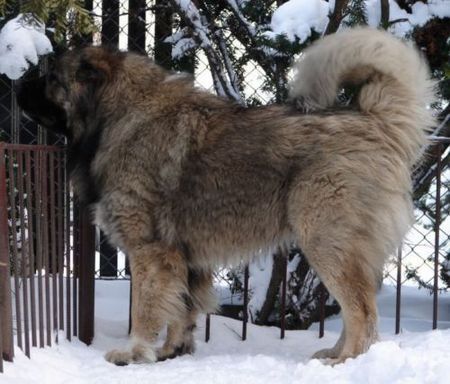 Kaukasischer Schäferhund Kavkazskoy Natsionalnosti NURBEK - Candidate Champion of Poland, Multi Best Male in Breed, Multi Best of Breed Winner, the most winning Junior Male in Poland in the year 2006 (winner of 6 International Shows in Poland in Junior Class + 6 times Best Junior), Junior Champion of Poland, Multi Junior Winner, Multi Best Junior in Breed, Winner of II FCI Junior\\\\\\\\\\\\\\\\\\\\\\\\\\\\\\\\\\\\\\\\\\\\\\\\\\\\\\\\\\\\\\\\\\\\\\\\\\\\\\\\\\\\\\\\\\\\\\\\\\\\\\\\\\\\\\\\\\\\\\\\\\\\\\\\\\\\\\\\\\\\\\\\\\\\\\\\\\\\\\\\\\\\\\\\\\\\\\\\\\\\\\\\\\\\\\\\\\\\\\\\\\\\\\\\\\\\\\\\\\\\\\\\\\\\\\\\\\\\\\\\\\\\\\\\\\\\\\\\\\\\\\\\\\\\\\\\\\\\\\\\\\\\\\\\\\\\\\\\\\\\\\\\\\\\\\\\\\\\\\\\\\\\\\\\\\\\\\\\\\\\\\\\\\\\\\\\\\\\\\\\\\\\\\\\\\\\\\\\\\\\\\\\\\\\\\\\\\\\\\\\\\\\\\\\\\\\\\\\\\\\\\\\\\\\\\\\\\\\\\\\\\\\\\\\\\\\\\\\\\\\\\\\\\\\\\\\\\\\\\\\\\\\\\\\\\\\\\\\\\\\\\\\\\\\\\\\\\\\\\\\\\\\\\\\\\\\\\\\\\\\\\\\\\\\\\\\\\\\\\\\\\\\\\\\\\\\\\\\\\\\\\\\\\\\\\\\\\\\\\\\\\\\\\\\\\\\\\\\\\\\\\\\\\\\\\\\\\\\\\\\\\\\\\\\\\\\\\\\\\\\\\\\\\\\\\\\\\\\\\\\\\\\\\\\\\\\\\\\\\\\\\\\\\\\\\\\\\\\\\\\\\\\\\\\\\\\\\\\\\\\\\\\\\\\\\\\\\\\\\\\\\\\\\\\\\\\\\\\\\\\\\\\\\\\\\\\\\\\\\\\\\\\\\\\\\\\\\\\\\\\\\\\\\\\\\\\\\\\\\\\\\\\\\\\\\\\\\\\\\\\\\\\\\\\\\\\\\\\\\\\\\\\\\\\\\\\\\\\\\\\\\\\\\\\\\\\\\\\\\\\\\\\\\\\\\\\\\\\\\\\\\\\\\\\\\\\\\\\\\\\\\\\\\\\\\\\\\\\\\\\\\\\\\\\\\\\\\\\\\\\\\\\\\\\\\\\\\\\\\\\\\\\\\\\\\\\\\\\\\\\\\\\\\\\\\\\\\\\\\\\\\\\\\\\\\\\\\\\\\\\\\\\\\\\\\\\\\\\\\\\\\\\\\\\\\\\\\\\\\\\\\\\\\\\\\\\\\\\\\\\\\\\\\\\\\\\\\\\\\\\\\\\\\\\\\\\\\\\\\\\\\\\\\\\\\\\\\\\\\\\\\\\\\\\\\\\\\\\\\\\\\\\\\\\\\\\\\\\\\\\\\\\\\\\\\\\\\\\\\\\\\\\\\\\\\\\\\\\\\\\\\\\\\\\\\\\\\\\\\\\\\\\\\\\\\\\\\\\\\\\\\\\\\\\\\\\\\\\\\\\\\\\\\\\\\\\\\\\\\\\\\\\\\\\\\\\\\\\\\\\\\\\\\\\\\\\\\\\\\\\\\\\\\\\\\\\\\\\\\\\\\\\\\\\\\\\\\\\\\\\\\\\\\\\\\\\\\\\\\\\\\\\\\\\\\\\\\\\\\\\\\\\\\\\\\\\\\\\\\\\\\\\\\\\\\\\\\\\\\\\\\\\\\\\\\\\\\\\\\\\\\\\\\\\\\\\\\\\\\\\\\\\\\\\\\\\\\\\\\\\\\\\\\\\\\\\\\\\\\\\\\\\\\\\\\\\\\\\\\\\\\\\\\\\\\\\\\\\\\\\\\\\\\\\\\\\\\\\\\\\\\\\\\\\\\\\\\\\\\\\\\\\\\\\\\\\\\\\\\\\\\\\\\\\\\\\\\\\\\\\\\\\\\\\\\\\\\\\\\\\\\\\\\\\\\\\\\\\\\\\\\\\\\\\\\\\\\\\\\\\\\\\\\\\\\\\\\\\\\\\\\\\\\\\\\\\\\\\\\\\\\\\\\\\\\\\\\\\\\\\\\\\\\\\\\\\\\\\\\\\\\\\\\\\\\\\\\\\\\\\\\\\\\\\\\\\\\\\\\\\\\\\\\\\\\\\\\\\\\\\\\\\\\\\\\\\\\\\\\\\\\\\\\\\\\\\\\\\\\\\\\\\\\\\\\\\\\\\\\\\\\\\\\\\\\\\\\\\\\\\\\\\\\\\\\\\\\\\\\\\\\\\\\\\\\\\\\\\\\\\\\\\\\\\\\\\\\\\\\\\\\\\\\\\\\\\\\\\\\\\\\\\\\\\\\\\\\\\\\\\\\\\\\\\\\\\\\\\\\\\\\\\\\\\\\\\\\\\\\\\\\\\\\\\\\\\\\\\\\\\\\\\\\\\\\\\\\\\\\\\\\\\\\\\\\\\\\\\\\\\\\\\\\\\\\\\\\\\\\\\\\\\\\\\\\\\\\\\\\\\\\\\\\\\\\\\\\\\\\\\\\\\\\\\\\\\\\\\\\\\\\\\\\\\\\\\\\\\\\\\\\\\\\\\\\\\\\\\\\\\\\\\\\\\\\\\\\\\\\\\\\\\\\\\\\\\\\\\\\\\\\\\\\\\\\\\\\\\\\\\\\\\\\\\\\\\\\\\\\\\\\\\\\\\\\\\\\\\\\\\\\\\\\\\\\\\\\\\\\\\\\\\\\\\\\\\\\\\\\\\\\\\\\\\\\\\\\\\\\\\\\\\\\\\\\\\\\\\\\\\\\\\\\\\\\\\\\\\\\\\\\\\\\\\\\\\\\\\\\\\\\\\\\\\\\\\\\\\\\\\\\\\\\\\\\\\\\\\\\\\\\\\\\\\\\\\\\\\\\\\\\\\\\\\\\\\\\\\\\\\\\\\\\\\\\\\\\\\\\\\\\\\\\\\\\\\\\\\\\\\\\\\\\\\\\\\\\\\\\\\\\\\\\\\\\\\\\\\\\\\\\\\\\\\\\\\\\\\\\\\\\\\\\\\\\\\\\\\\\\\\\\\\\\\\\\\\\\\\\\\\\\\\\\\\\\\\\\\\\\\\\\\\\\\\\\\\\\\\\\\\\\\\\\\\\\\\\\\\\\\\\\\\\\\\\\\\\\\\\\\\\\\\\\\\\\\\\\\\\\\\\\\\\\\\\\\\\\\\\\\\\\\\\\\\\\\\\\\\\\\\\\\\\\\\\\\\\\\\\\\\\\\\\\\\\\\\\\\\\\\\\\\\\\\\\\\\\\\\\\\\\\\\\\\\\\\\\\\\\\\\\\\\\\\\\\\\\\\\\\\\\\\\\\\\\\\\\\\\\\\\\\\\\\\\\\\\\\\\\\\\\\\\\\\\\\\\\\\\\\\\\\\\\\\\\\\\\\\\\\\\\\\\\\\\\\\\\\\\\\\\\\\\\\\\\\\\\\\\\\\\\\\\\\\\\\\\\\\\\\\\\\\\\\\\\\\\\\\\\\\\\\\\\\\\\\\\\\\\\\\\\\\\\\\\\\\\\\\\\\\\\\\\\\\\\\\\\\\\\\\\\\\\\\\\\\\\\\\\\\\\\\\\\\\\\\\\\\\\\\\\\\\\\\\\\\\\\\\\\\\\\\\\\\\\\\\\\\\\\\\\\\\\\\\\\\\\\\\\\\\\\\\\\\\\\\\\\\\\\\\\\\\\\\\\\\\\\\\\\\\\\\\\\\\\\\\\\\\\\\\\\\\\\\\\\\\\\\\\\\\\\\\\\\\\\\\\\\\\\\\\\\\\\\\\\\\\\\\\\\\\\\\\\\\\\\\\\\\\\\\\\\\\\\\\\\\\\\\\\\\\\\\\\\\\\\\\\\\\\\\\\\\\\\\\\\\\\\\\\\\\\\\\\\\\\\\\\\\\\\\\\\\\\\\\\\\\\\\\\\\\\\\\\\\\\\\\\\\\\\\\\\\\\\\\\\\\\\\\\\\\\\\\\\\\\\\\\\\\\\\\\\\\\\\\\\\\\\\\\\\\\\\\\\\\\\\\\\\\\\\\\\\\\\\\\\\\\\\\\\\\\\\\\\\\\\\\\\\\\\\\\\\\\\\\\\\\\\\\\\\\\\\\\\\\\\\\\\\\\\\\\\\\\\\\\\\\\\\\\\\\\\\\\\\\\\\\\\\\\\\\\\\\\\\\\\\\\\\\\\\\\\\\\\\\\\\\\\\\\\\\\\\\\\\\\\\\\\\\\\\\\\\\\\\\\\\\\\\\\\\\\\\\\\\\\\\\\\\\\\\\\\\\\\\\\\\\\\\\\\\\\\\\\\\\\\\\\\\\\\\\\\\\\\\\\\\\\\\\\\\\\\\\\\\\\\\\\\\\\\\\\\\\\\\\\\\\\\\\\\\\\\\\\\\\\\\\\\\\\\\\\\\\\\\\\\\\\\\\\\\\\\\\\\\\\\\\\\\\\\\\\\\\\\\\\\\\\\\\\\\\\\\\\\\\\\\\\\\\\\\\\\\\\\\\\\\\\\\\\\\\\\\\\\\\\\\\\\\\\\\\\\\\\\\\\\\\\\\\\\\\\\\\\\\\\\\\\\\\\\\\\\\\\\\\\\\\\\\\\\\\\\\\\\\\\\\\\\\\\\\\\\\\\\\\\\\\\\\\\\\\\\\\\\\\\\\\\\\\\\\\\\\\\\\\\\\\\\\\\\\\\\\\\\\\\\\\\\\\\\\\\\\\\\\\\\\\\\\\\\\\\\\\\\\\\\\\\\\\\\\\\\\\\\\\\\\\\\\\\\\\\\\\\\\\\\\\\\\\\\\\\\\\\\\\\\\\\\\\\\\\\\\\\\\\\\\\\\\\\\\\\\\\\\\\\\\\\\\\\\\\\\\\\\\\\\\\\\\\\\\\\\\\\\\\\\\\\\\\\\\\\\\\\\\\\\\\\\\\\\\\\\\\\\\\\\\\\\\\\\\\\\\\\\\\\\\\\\\\\\\\\\\\\\\\\\\\\\\\\\\\\\\\\\\\\\\\\\\\\\\\\\\\\\\\\\\\\\\\\\\\\\\\\\\\\\\\\\\\\\\\\\\\\\\\\\\\\\\\\\\\\\\\\\\\\\\\\\\\\\\\\\\\\\\\\\\\\\\\\\\\\\\\\\\\\\\\\\\\\\\\\\\\\\\\\\\\\\\\\\\\\\\\\\\\\\\\\\\\\\\\\\\\\\\\\\\\\\\\\\\\\\\\\\\\\\\\\\\\\\\\\\\\\\\\\\\\\\\\\\\\\\\\\\\\\\\\\\\\\\\\\\\\\\\\\\\\\\\\\\\\\\\\\\\\\\\\\\\\\\\\\\\\\\\\\\\\\\\\\\\\\\\\\\\\\\\\\\\\\\\\\\\\\\\\\\\\\\\\\\\\\\\\\\\\\\\\\\\\\\\\\\\\\\\\\\\\\\\\\\\\\\\\\\\\\\\\\\\\\\\\\\\\\\\\\\\\\\\\\\\\\\\\\\\\\\\\\\\\\\\\\\\\\\\\\\\\\\\\\\\\\\\\\\\\\\\\\\\\\\\\\\\\\\\\\\\\\\\\\\\\\\\\\\\\\\\\\\\\\\\\\\\\\\\\\\\\\\\\\\\\\\\\\\\\\\\\\\\\\\\\\\\\\\\\\\\\\\\\\\\\\\\\\\\\\\\\\\\\\\\\\\\\\\\\\\\\\\\\\\\\\\\\\\\\\\\\\\\\\\\\\\\\\\\\\\\\\\\\\\\\\\\\\\\\\\\\\\\\\\\\\\\\\\\\\\\\\\\\\\\\\\\\\\\\\\\\\\\\\\\\\\\\\\\\\\\\\\\\\\\\\\\\\\\\\\\\\\\\\\\\\\\\\\\\\\\\\\\\\\\\\\\\\\\\\\\\\\\\\\\\\\\\\\\\\\\\\\\\\\\\\\\\\\\\\\\\\\\\\\\\\\\\\\\\\\\\\\\\\\\\\\\\\\\\\\\\\\\\\\\\\\\\\\\\\\\\\\\\\\\\\\\\\\\\\\\\\\\\\\\\\\\\\\\\\\\\\\\\\\\\\\\\\\\\\\\\\\\\\\\\\\\\\\\\\\\\\\\\\\\\\\\\\\\\\\\\\\\\\\\\\\\\\\\\\\\\\\\\\\\\\\\\\\\\\\\\\\\\\\\\\\\\\\\\\\\\\\\\\\\\\\\\\\\\\\\\\\\\\\\\\\\\\\\\\\\\\\\\\\\\\\\\\\\\\\\\\\\\\\\\\\\\\\\\\\\\\\\\\\\\\\\\\\\\\\\\\\\\\\\\\\\\\\\\\\\\\\\\\\\\\\\\\\\\\\\\\\\\\\\\\\\\\\\\\\\\\\\\\\\\\\\\\\\\\\\\\\\\\\\\\\\\\\\\\\\\\\\\\\\\\\\\\\\\\\\\\\\\\\\\\\\\\\\\\\\\\\\\\\\\\\\\\\\\\\\\\\\\\\\\\\\\\\\\\\\\\\\\\\\\\\\\\\\\\\\\\\\\\\\\\\\\\\\\\\\\\\\\\\\\\\\\\\\\\\\\\\\\\\\\\\\\\\\\\\\\\\\\\\\\\\\\\\\\\\\\\\\\\\\\\\\\\\\\\\\\\\\\\\\\\\\\\\\\\\\\\\\\\\\\\\\\\\\\\\\\\\\\\\\\\\\\\\\\\\\\\\\\\\\\\\\\\\\\\\\\\\\\\\\\\\\\\\\\\\\\\\\\\\\\\\\\\\\\\\\\\\\\\\\\\\\\\\\\\\\\\\\\\\\\\\\\\\\\\\\\\\\\\\\\\\\\\\\\\\\\\\\\\\\\\\\\\\\\\\\\\\\\\\\\\\\\\\\\\\\\\\\\\\\\\\\\\\\\\\\\\\\\\\\\\\\\\\\\\\\\\\\\\\\\\\\\\\\\\\\\\\\\\\\\\\\\\\\\\\\\\\\\\\\\\\\\\\\\\\\\\\\\\\\\\\\\\\\\\\\\\\\\\\\\\\\\\\\\\\\\\\\\\\\\\\\\\\\\\\\\\\\\\\\\\\\\\\\\\\\\\\\\\\\\\\\\\\\\\\\\\\\\\\\\\\\\\\\\\\\\\\\\\\\\\\\\\\\\\\\\\\\\\\\\\\\\\\\\\\\\\\\\\\\\\\\\\\\\\\\\\\\\\\\\\\\\\\\\\\\\\\\\\\\\\\\\\\\\\\\\\\\\\\\\\\\\\\\\\\\\\\\\\\\\\\\\\\\\\\\\\\\\\\\\\\\\\\\\\\\\\\\\\\\\\\\\\\\\\\\\\\\\\\\\\\\\\\\\\\\\\\\\\\\\\\\\\\\\\\\\\\\\\\\\\\\\\\\\\\\\\\\\\\\\\\\\\\\\\\\\\\\\\\\\\\\\\\\\\\\\\\\\\\\\\\\\\\\\\\\\\\\\\\\\\\\\\\\\\\\\\\\\\\\\\\\\\\\\\\\\\\\\\\\\\\\\\\\\\\\\\\\\\\\\\\\\\\\\\\\\\\\\\\\\\\\\\\\\\\\\\\\\\\\\\\\\\\\\\\\\\\\\\\\\\\\\\\\\\\\\\\\\\\\\\\\\\\\\\\\\\\\\\\\\\\\\\\\\\\\\\\\\\\\\\\\\\\\\\\\\\\\\\\\\\\\\\\\\\\\\\\\\\\\\\\\\\\\\\\\\\\\\\\\\\\\\\\\\\\\\\\\\\\\\\\\\\\\\\\\\\\\\\\\\\\\\\\\\\\\\\\\\\\\\\\\\\\\\\\\\\\\\\\\\\\\\\\\\\\\\\\\\\\\\\\\\\\\\\\\\\\\\\\\\\\\\\\\\\\\\\\\\\\\\\\\\\\\\\\\\\\\\\\\\\\\\\\\\\\\\\\\\\\\\\\\\\\\\\\\\\\\\\\\\\\\\\\\\\\\\\\\\\\\\\\\\\\\\\\\\\\\\\\\\\\\\\\\\\\\\\\\\\\\\\\\\\\\\\\\\\\\\\\\\\\\\\\\\\\\\\\\\\\\\\\\\\\\\\\\\\\\\\\\\\\\\\\\\\\\\\\\\\\\\\\\\\\\\\\\\\\\\\\\\\\\\\\\\\\\\\\\\\\\\\\\\\\\\\\\\\\\\\\\\\\\\\\\\\\\\\\\\\\\\\\\\\\\\\\\\\\\\\\\\\\\\\\\\\\\\\\\\\\\\\\\\\\\\\\\\\\\\\\\\\\\\\\\\\\\\\\\\\\\\\\\\\\\\\\\\\\\\\\\\\\\\\\\\\\\\\\\\\\\\\\\\\\\\\\\\\\\\\\\\\\\\\\\\\\\\\\\\\\\\\\\\\\\\\\\\\\\\\\\\\\\\\\\\\\\\\\\\\\\\\\\\\\\\\\\\\\\\\\\\\\\\\\\\\\\\\\\\\\\\\\\\\\\\\\\\\\\\\\\\\\\\\\\\\\\\\\\\\\\\\\\\\\\\\\\\\\\\\\\\\\\\\\\\\\\\\\\\\\\\\\\\\\\\\\\\\\\\\\\\\\\\\\\\\\\\\\\\\\\\\\\\\\\\\\\\\\\\\\\\\\\\\\\\\\\\\\\\\\\\\\\\\\\\\\\\\\\\\\\\\\\\\\\\\\\\\\\\\\\\\\\\\\\\\\\\\\\\\\\\\\\\\\\\\\\\\\\\\\\\\\\\\\\\\\\\\\\\\\\\\\\\\\\\\\\\\\\\\\\\\\\\\\\\\\\\\\\\\\\\\\\\\\\\\\\\\\\\\\\\\\\\\\\\\\\\\\\\\\\\\\\\\\\\\\\\\\\\\\\\\\\\\\\\\\\\\\\\\\\\\\\\\\\\\\\\\\\\\\\\\\\\\\\\\\\\\\\\\\\\\\\\\\\\\\\\\\\\\\\\\\\\\\\\\\\\\\\\\\\\\\\\\\\\\\\\\\\\\\\\\\\\\\\\\\\\\\\\\\\\\\\\\\\\\\\\\\\\\\\\\\\\\\\\\\\\\\\\\\\\\\\\\\\\\\\\\\\\\\\\\\\\\\\\\\\\\\\\\\\\\\\\\\\\\\\\\\\\\\\\\\\\\\\\\\\\\\\\\\\\\\\\\\\\\\\\\\\\\\\\\\\\\\\\\\\\\\\\\\\\\\\\\\\\\\\\\\\\\\\\\\\\\\\\\\\\\\\\\\\\\\\\\\\\\\\\\\\\\\\\\\\\\\\\\\\\\\\\\\\\\\\\\\\\\\\\\\\\\\\\\\\\\\\\\\\\\\\\\\\\\\\\\\\\\\\\\\\\\\\\\\\\\\\\\\\\\\\\\\\\\\\\\\\\\\\\\\\\\\\\\\\\\\\\\\\\\\\\\\\\\\\\\\\\\\\\\\\\\\\\\\\\\\\\\\\\\\\\\\\\\\\\\\\\\\\\\\\\\\\\\\\\\\\\\\\\\\\\\\\\\\\\\\\\\\\\\\\\\\\\\\\\\\\\\\\\\\\\\\\\\\\\\\\\\\\\\\\\\\\\\\\\\\\\\\\\\\\\\\\\\\\\\\\\\\\\\\\\\\\\\\\\\\\\\\\\\\\\\\\\\\\\\\\\\\\\\\\\\\\\\\\\\\\\\\\\\\\\\\\\\\\\\\\\\\\\\\\\\\\\\\\\\\\\\\\\\\\\\\\\\\\\\\\\\\\\\\\\\\\\\\\\\\\\\\\\\\\\\\\\\\\\\\\\\\\\\\\\\\\\\\\\\\\\\\\\\\\\\\\\\\\\\\\\\\\\\\\\\\\\\\\\\\\\\\\\\\\\\\\\\\\\\\\\\\\\\\\\\\\\\\\\\\\\\\\\\\\\\\\\\\\\\\\\\\\\\\\\\\\\\\\\\\\\\\\\\\\\\\\\\\\\\\\\\\\\\\\\\\\\\\\\\\\\\\\\\\\\\\\\\\\\\\\\\\\\\\\\\\\\\\\\\\\\\\\\\\\\\\\\\\\\\\\\\\\\\\\\\\\\\\\\\\\\\\\\\\\\\\\\\\\\\\\\\\\\\\\\\\\\\\\\\\\\\\\\\\\\\\\\\\\\\\\\\\\\\\\\\\\\\\\\\\\\\\\\\\\\\\\\\\\\\\\\\\\\\\\\\\\\\\\\\\\\\\\\\\\\\\\\\\\\\\\\\\\\\\\\\\\\\\\\\\\\\\\\\\\\\\\\\\\\\\\\\\\\\\\\\\\\\\\\\\\\\\\\\\\\\\\\\\\\\\\\\\\\\\\\\\\\\\\\\\\\\\\\\\\\\\\\\\\\\\\\\\\\\\\\\\\\\\\\\\\\\\\\\\\\\\\\\\\\\\\\\\\\\\\\\\\\\\\\\\\\\\\\\\\\\\\\\\\\\\\\\\\\\\\\\\\\\\\\\\\\\\\\\\\\\\\\\\\\\\\\\\\\\\\\\\\\\\\\\\\\\\\\\\\\\\\\\\\\\\\\\\\\\\\\\\\\\\\\\\\\\\\\\\\\\\\\\\\\\\\\\\\\\\\\\\\\\\\\\\\\\\\\\\\\\\\\\\\\\\\\\\\\\\\\\\\\\\\\\\\\\\\\\\\\\\\\\\\\\\\\\\\\\\\\\\\\\\\\\\\\\\\\\\\\\\\\\\\\\\\\\\\\\\\\\\\\\\\\\\\\\\\\\\\\\\\\\\\\\\\\\\\\\\\\\\\\\\\\\\\\\\\\\\\\\\\\\\\\\\\\\\\\\\\\\\\\\\\\\\\\\\\\\\\\\\\\\\\\\\\\\\\\\\\\\\\\\\\\\\\\\\\\\\\\\\\\\\\\\\\\\\\\\\\\\\\\\\\\\\\\\\\\\\\\\\\\\\\\\\\\\\\\\\\\\\\\\\\\\\\\\\\\\\\\\\\\\\\\\\\\\\\\\\\\\\\\\\\\\\\\\\\\\\\\\\\\\\\\\\\\\\\\\\\\\\\\\\\\\\\\\\\\\\\\\\\\\\\\\\\\\\\\\\\\\\\\\\\\\\\\\\\\\\\\\\\\\\\\\\\\\\\\\\\\\\\\\\\\\\\\\\\\\\\\\\\\\\\\\\\\\\\\\\\\\\\\\\\\\\\\\\\\\\\\\\\\\\\\\\\\\\\\\\\\\\\\\\\\\\\\\\\\\\\\\\\\\\\\\\\\\\\\\\\\\\\\\\\\\\\\\\\\\\\\\\\\\\\\\\\\\\\\\\\\\\\\\\\\\\\\\\\\\\\\\\\\\\\\\\\\\\\\\\\\\\\\\\\\\\\\\\\\\\\\\\\\\\\\\\\\\\\\\\\\\\\\\\\\\\\\\\\\\\\\\\\\\\\\\\\\\\\\\\\\\\\\\\\\\\\\\\\\\\\\\\\\\\\\\\\\\\\\\\\\\\\\\\\\\\\\\\\\\\\\\\\\\\\\\\\\\\\\\\\\\\\\\\\\\\\\\\\\\\\\\\\\\\\\\\\\\\\\\\\\\\\\\\\\\\\\\\\\\\\\\\\\\\\\\\\\\\\\\\\\\\\\\\\\\\\\\\\\\\\\\\\\\\\\\\\\\\\\\\\\\\\\\\\\\\\\\\\\\\\\\\\\\\\\\\\\\\\\\\\\\\\\\\\\\\\\\\\\\\\\\\\\\\\\\\\\\\\\\\\\\\\\\\\\\\\\\\\\\\\\\\\\\\\\\\\\\\\\\\\\\\\\\\\\\\\\\\\\\\\\\\\\\\\\\\\\\\\\\\\\\\\\\\\\\\\\\\\\\\\\\\\\\\\\\\\\\\\\\\\\\\\\\\\\\\\\\\\\\\\\\\\\\\\\\\\\\\\\\\\\\\\\\\\\\\\\\\\\\\\\\\\\\\\\\\\\\\\\\\\\\\\\\\\\\\\\\\\\\\\\\\\\\\\\\\\\\\\\\\\\\\\\\\\\\\\\\\\\\\\\\\\\\\\\\\\\\\\\\\\\\\\\\\\\\\\\\\\\\\\\\\\\\\\\\\\\\\\\\\\\\\\\\\\\\\\\\\\\\\\\\\\\\\\\\\\\\\\\\\\\\\\\\\\\\\\\\\\\\\\\\\\\\\\\\\\\\\\\\\\\\\\\\\\\\\\\\\\\\\\\\\\\\\\\\\\\\\\\\\\\\\\\\\\\\\\\\\\\\\\\\\\\\\\\\\\\\\\\\\\\\\\\\\\\\\\\\\\\\\\\\\\\\\\\\\\\\\\\\\\\\\\\\\\\\\\\\\\\\\\\\\\\\\\\\\\\\\\\\\\\\\\\\\\\\\\\\\\\\\\\\\\\\\\\\\\\\\\\\\\\\\\\\\\\\\\\\\\\\\\\\\\\\\\\\\\\\\\\\\\\\\\\\\\\\\\\\\\\\\\\\\\\\\\\\\\\\\\\\\\\\\\\\\\\\\\\\\\\\\\\\\\\\\\\\\\\\\\\\\\\\\\\\\\\\\\\\\\\\\\\\\\\\\\\\\\\\\\\\\\\\\\\\\\\\\\\\\\\\\\\\\\\\\\\\\\\\\\\\\\\\\\\\\\\\\\\\\\\\\\\\\\\\\\\\\\\\\\\\\\\\\\\\\\\\\\\\\\\\\\\\\\\\\\\\\\\\\\\\\\\\\\\\\\\\\\\\\\\\\\\\\\\\\\\\\\\\\\\\\\\\\\\\\\\\\\\\\\\\\\\\\\\\\\\\\\\\\\\\\\\\\\\\\\\\\\\\\\\\\\\\\\\\\\\\\\\\\\\\\\\\\\\\\\\\\\\\\\\\\\\\\\\\\\\\\\\\\\\\\\\\\\\\\\\\\\\\\\\\\\\\\\\\\\\\\\\\\\\\\\\\\\\\\\\\\\\\\\\\\\\\\\\\\\\\\\\\\\\\\\\\\\\\\\\\\\\\\\\\\\\\\\\\\\\\\\\\\\\\\\\\\\\\\\\\\\\\\\\\\\\\\\\\\\\\\\\\\\\\\\\\\\\\\\\\\\\\\\\\\\\\\\\\\\\\\\\\\\\\\\\\\\\\\\\\\\\\\\\\\\\\\\\\\\\\\\\\\\\\\\\\\\\\\\\\\\\\\\\\\\\\\\\\\\\\\\\\\\\\\\\\\\\\\\\\\\\\\\\\\\\\\\\\\\\\\\\\\\\\\\\\\\\\\\\\\\\\\\\\\\\\\\\\\\\\\\\\\\\\\\\\\\\\\\\\\\\\\\\\\\\\\\\\\\\\\\\\\\\\\\\\\\\\\\\\\\\\\\\\\\\\\\\\\\\\\\\\\\\\\\\\\\\\\\\\\\\\\\\\\\\\\\\\\\\\\\\\\\\\\\\\\\\\\\\\\\\\\\\\\\\\\\\\\\\\\\\\\\\\\\\\\\\\\\\\\\\\\\\\\\\\\\\\\\\\\\\\\\\\\\\\\\\\\\\\\\\\\\\\\\\\\\\\\\\\\\\\\\\\\\\\\\\\\\\\\\\\\\\\\\\\\\\\\\\\\\\\\\\\\\\\\\\\\\\\\\\\\\\\\\\\\\\\\\\\\\\\\\\\\\\\\\\\\\\\\\\\\\\\\\\\\\\\\\\\\\\\\\\\\\\\\\\\\\\\\\\\\\\\\\\\\\\\\\\\\\\\\\\\\\\\\\\\\\\\\\\\\\\\\\\\\\\\\\\\\\\\\\\\\\\\\\\\\\\\\\\\\\\\\\\\\\\\\\\\\\\\\\\\\\\\\\\\\\\\\\\\\\\\\\\\\\\\\\\\\\\\\\\\\\\\\\\\\\\\\\\\\\\\\\\\\\\\\\\\\\\\\\\\\\\\\\\\\\\\\\\\\\\\\\\\\\\\\\\\\\\\\\\\\\\\\\\\\\\\\\\\\\\\\\\\\\\\\\\\\\\\\\\\\\\\\\\\\\\\\\\\\\\\\\\\\\\\\\\\\\\\\\\\\\\\\\\\\\\\\\\\\\\\\\\\\\\\\\\\\\\\\\\\\\\\\\\\\\\\\\\\\\\\\\\\\\\\\\\\\\\\\\\\\\\\\\\\\\\\\\\\\\\\\\\\\\\\\\\\\\\\\\\\\\\\\\\\\\\\\\\\\\\\\\\\\\\\\\\\\\\\\\\\\\\\\\\\\\\\\\\\\\\\\\\\\\\\\\\\\\\\\\\\\\\\\\\\\\\\\\\\\\\\\\\\\\\\\\\\\\\\\\\\\\\\\\\\\\\\\\\\\\\\\\\\\\\\\\\\\\\\\\\\\\\\\\\\\\\\\\\\\\\\\\\\\\\\\\\\\\\\\\\\\\\\\\\\\\\\\\\\\\\\\\\\\\\\\\\\\\\\\\\\\\\\\\\\\\\\\\\\\\\\\\\\\\\\\\\\\\\\\\\\\\\\\\\\\\\\\\\\\\\\\\\\\\\\\\\\\\\\\\\\\\\\\\\\\\\\\\\\\\\\\\\\\\\\\\\\\\\\\\\\\\\\\\\\\\\\\\\\\\\\\\\\\\\\\\\\\\\\\\\\\\\\\\\\\\\\\\\\\\\\\\\\\\\\\\\\\\\\\\\\\\\\\\\\\\\\\\\\\\\\\\\\\\\\\\\\\\\\\\\\\\\\\\\\\\\\\\\\\\\\\\\\\\\\\\\\\\\\\\\\\\\\\\\\\\\\\\\\\\\\\\\\\\\\\\\\\\\\\\\\\\\\\\\\\\\\\\\\\\\\\\\\\\\\\\\\\\\\\\\\\\\\\\\\\\\\\\\\\\\\\\\\\\\\\\\\\\\\\\\\\\\\\\\\\\\\\\\\\\\\\\\\\\\\\\\\\\\\\\\\\\\\\\\\\\\\\\\\\\\\\\\\\\\\\\\\\\\\\\\\\\\\\\\\\\\\\\\\\\\\\\\\\\\\\\\\\\\\\\\\\\\\\\\\\\\\\\\\\\\\\\\\\\\\\\\\\\\\\\\\\\\\\\\\\\\\\\\\\\\\\\\\\\\\\\\\\\\\\\\\\\\\\\\\\\\\\\\\\\\\\\\\\\\\\\\\\\\\\\\\\\\\\\\\\\\\\\\\\\\\\\\\\\\\\\\\\\\\\\\\\\\\\\\\\\\\\\\\\\\\\\\\\\\\\\\\\\\\\\\\\\\\\\\\\\\\\\\\\\\\\\\\\\\\\\\\\\\\\\\\\\\\\\\\\\\\\\\\\\\\\\\\\\\\\\\\\\\\\\\\\\\\\\\\\\\\\\\\\\\\\\\\\\\\\\\\\\\\\\\\\\\\\\\\\\\\\\\\\\\\\\\\\\\\\\\\\\\\\\\\\\\\\\\\\\\\\\\\\\\\\\\\\\\\\\\\\\\\\\\\\\\\\\\\\\\\\\\\\\\\\\\\\\\\\\\\\\\\\\\\\\\\\\\\\\\\\\\\\\\\\\\\\\\\\\\\\\\\\\\\\\\\\\\\\\\\\\\\\\\\\\\\\\\\\\\\\\\\\\\\\\\\\\\\\\\\\\\\\\\\\\\\\\\\\\\\\\\\\\\\\\\\\\\\\\\\\\\\\\\\\\\\\\\\\\\\\\\\\\\\\\\\\\\\\\\\\\\\\\\\\\\\\\\\\\\\\\\\\\\\\\\\\\\\\\\\\\\\\\\\\\\\\\\\\\\\\\\\\\\\\\\\\\\\\\\\\\\\\\\\\\\\\\\\\\\\\\\\\\\\\\\\\\\\\\\\\\\\\\\\\\\\\\\\\\\\\\\\\\\\\\\\\\\\\\\\\\\\\\\\\\\\\\\\\\\\\\\\\\\\\\\\\\\\\\\\\\\\\\\\\\\\\\\\\\\\\\\\\\\\\\\\\\\\\\\\\\\\\\\\\\\\\\\\\\\\\\\\\\\\\\\\\\\\\\\\\\\\\\\\\\\\\\\\\\\\\\\\\\\\\\\\\\\\\\\\\\\\\\\\\\\\\\\\\\\\\\\\\\\\\\\\\\\\\\\\\\\\\\\\\\\\\\\\\\\\\\\\\\\\\\\\\\\\\\\\\\\\\\\\\\\\\\\\\\\\\\\\\\\\\\\\\\\\\\\\\\\\\\\\\\\\\\\\\\\\\\\\\\\\\\\\\\\\\\\\\\\\\\\\\\\\\\\\\\\\\\\\\\\\\\\\\\\\\\\\\\\\\\\\\\\\\\\\\\\\\\\\\\\\\\\\\\\\\\\\\\\\\\\\\\\\\\\\\\\\\\\\\\\\\\\\\\\\\\\\\\\\\\\\\\\\\\\\\\\\\\\\\\\\\\\\\\\\\\\\\\\\\\\\\\\\\\\\\\\\\\\\\\\\\\\\\\\\\\\\\\\\\\\\\\\\\\\\\\\\\\\\\\\\\\\\\\\\\\\\\\\\\\\\\\\\\\\\\\\\\\\\\\\\\\\\\\\\\\\\\\\\\\\\\\\\\\\\\\\\\\\\\\\\\\\\\\\\\\\\\\\\\\\\\\\\\\\\\\\\\\\\\\\\\\\\\\\\\\\\\\\\\\\\\\\\\\\\\\\\\\\\\\\\\\\\\\\\\\\\\\\\\\\\\\\\\\\\\\\\\\\\\\\\\\\\\\\\\\\\\\\\\\\\\\\\\\\\\\\\\\\\\\\\\\\\\\\\\\\\\\\\\\\\\\\\\\\\\\\\\\\\\\\\\\\\\\\\\\\\\\\\\\\\\\\\\\\\\\\\\\\\\\\\\\\\\\\\\\\\\\\\\\\\\\\\\\\\\\\\\\\\\\\\\\\\\\\\\\\\\\\\\\\\\\\\\\\\\\\\\\\\\\\\\\\\\\\\\\\\\\\\\\\\\\\\\\\\\\\\\\\\\\\\\\\\\\\\\\\\\\\\\\\\\\\\\\\\\\\\\\\\\\\\\\\\\\\\\\\\\\\\\\\\\\\\\\\\\\\\\\\\\\\\\\\\\\\\\\\\\\\\\\\\\\\\\\\\\\\\\\\\\\\\\\\\\\\\\\\\\\\\\\\\\\\\\\\\\\\\\\\\\\\\\\\\\\\\\\\\\\\\\\\\\\\\\\\\\\\\\\\\\\\\\\\\\\\\\\\\\\\\\\\\\\\\\\\\\\\\\\\\\\\\\\\\\\\\\\\\\\\\\\\\\\\\\\\\\\\\\\\\\\\\\\\\\\\\\\\\\\\\\\\\\\\\\\\\\\\\\\\\\\\\\\\\\\\\\\\\\\\\\\\\\\\\\\\\\\\\\\\\\\\\\\\\\\\\\\\\\\\\\\\\\\\\\\\\\\\\\\\\\\\\\\\\\\\\\\\\\\\\\\\\\\\\\\\\\\\\\\\\\\\\\\\\\\\\\\\\\\\\\\\\\\\\\\\\\\\\\\\\\\\\\\\\\\\\\\\\\\\\\\\\\\\\\\\\\\\\\\\\\\\\\\\\\\\\\\\\\\\\\\\\\\\\\\\\\\\\\\\\\\\\\\\\\\\\\\\\\\\\\\\\\\\\\\\\\\\\\\\\\\\\\\\\\\\\\\\\\\\\\\\\\\\\\\\\\\\\\\\\\\\\\\\\\\\\\\\\\\\\\\\\\\\\\\\\\\\\\\\\\\\\\\\\\\\\\\\\\\\\\\\\\\\\\\\\\\\\\\\\\\\\\\\\\\\\\\\\\\\\\\\\\\\\\\\\\\\\\\\\\\\\\\\\\\\\\\\\\\\\\\\\\\\\\\\\\\\\\\\\\\\\\\\\\\\\\\\\\\\\\\\\\\\\\\\\\\\\\\\\\\\\\\\\\\\\\\\\\\\\\\\\\\\\\\\\\\\\\\\\\\\\\\\\\\\\\\\\\\\\\\\\\\\\\\\\\\\\\\\\\\\\\\\\\\\\\\\\\\\\\\\\\\\\\\\\\\\\\\\\\\\\\\\\\\\\\\\\\\\\\\\\\\\\\\\\\\\\\\\\\\\\\\\\\\\\\\\\\\\\\\\\\\\\\\\\\\\\\\\\\\\\\\\\\\\\\\\\\\\\\\\\\\\\\\\\\\\\\\\\\\\\\\\\\\\\\\\\\\\\\\\\\\\\\\\\\\\\\\\\\\\\\\\\\\\\\\\\\\\\\\\\\\\\\\\\\\\\\\\\\\\\\\\\\\\\\\\\\\\\\\\\\\\\\\\\\\\\\\\\\\\\\\\\\\\\\\\\\\\\\\\\\\\\\\\\\\\\\\\\\\\\\\\\\\\\\\\\\\\\\\\\\\\\\\\\\\\\\\\\\\\\\\\\\\\\\\\\\\\\\\\\\\\\\\\\\\\\\\\\\\\\\\\\\\\\\\\\\\\\\\\\\\\\\\\\\\\\\\\\\\\\\\\\\\\\\\\\\\\\\\\\\\\\\\\\\\\\\\\\\\\\\\\\\\\\\\\\\\\\\\\\\\\\\\\\\\\\\\\\\\\\\\\\\\\\\\\\\\\\\\\\\\\\\\\\\\\\\\\\\\\\\\\\\\\\\\\\\\\\\\\\\\\\\\\\\\\\\\\\\\\\\\\\\\\\\\\\\\\\\\\\\\\\\\\\\\\\\\\\\\\\\\\\\\\\\\\\\\\\\\\\\\\\\\\\\\\\\\\\\\\\\\\\\\\\\\\\\\\\\\\\\\\\\\\\\\\\\\\\\\\\\\\\\\\\\\\\\\\\\\\\\\\\\\\\\\\\\\\\\\\\\\\\\\\\\\\\\\\\\\\\\\\\\\\\\\\\\\\\\\\\\\\\\\\\\\\\\\\\\\\\\\\\\\\\\\\\\\\\\\\\\\\\\\\\\\\\\\\\\\\\\\\\\\\\\\\\\\\\\\\\\\\\\\\\\\\\\\\\\\\\\\\\\\\\\\\\\\\\\\\\\\\\\\\\\\\\\\\\\\\\\\\\\\\\\\\\\\\\\\\\\\\\\\\\\\\\\\\\\\\\\\\\\\\\\\\\\\\\\\\\\\\\\\\\\\\\\\\\\\\\\\\\\\\\\\\\\\\\\\\\\\\\\\\\\\\\\\\\\\\\\\\\\\\\\\\\\\\\\\\\\\\\\\\\\\\\\\\\\\\\\\\\\\\\\\\\\\\\\\\\\\\\\\\\\\\\\\\\\\\\\\\\\\\\\\\\\\\\\\\\\\\\\\\\\\\\\\\\\\\\\\\\\\\\\\\\\\\\\\\\\\\\\\\\\\\\\\\\\\\\\\\\\\\\\\\\\\\\\\\\\\\\\\\\\\\\\\\\\\\\\\\\\\\\\\\\\\\\\\\\\\\\\\\\\\\\\\\\\\\\\\\\\\\\\\\\\\\\\\\\\\\\\\\\\\\\\\\\\\\\\\\\\\\\\\\\\\\\\\\\\\\\\\\\\\\\\\\\\\\\\\\\\\\\\\\\\\\\\\\\\\\\\\\\\\\\\\\\\\\\\\\\\\\\\\\\\\\\\\\\\\\\\\\\\\\\\\\\\\\\\\\\\\\\\\\\\\\\\\\\\\\\\\\\\\\\\\\\\\\\\\\\\\\\\\\\\\\\\\\\\\\\\\\\\\\\\\\\\\\\\\\\\\\\\\\\\\\\\\\\\\\\\\\\\\\\\\\\\\\\\\\\\\\\\\\\\\\\\\\\\\\\\\\\\\\\\\\\\\\\\\\\\\\\\\\\\\\\\\\\\\\\\\\\\\\\\\\\\\\\\\\\\\\\\\\\\\\\\\\\\\\\\\\\\\\\\\\\\\\\\\\\\\\\\\\\\\\\\\\\\\\\\\\\\\\\\\\\\\\\\\\\\\\\\\\\\\\\\\\\\\\\\\\\\\\\\\\\\\\\\\\\\\\\\\\\\\\\\\\\\\\\\\\\\\\\\\\\\\\\\\\\\\\\\\\\\\\\\\\\\\\\\\\\\\\\\\\\\\\\\\\\\\\\\\\\\\\\\\\\\\\\\\\\\\\\\\\\\\\\\\\\\\\\\\\\\\\\\\\\\\\\\\\\\\\\\\\\\\\\\\\\\\\\\\\\\\\\\\\\\\\\\\\\\\\\\\\\\\\\\\\\\\\\\\\\\\\\\\\\\\\\\\\\\\\\\\\\\\\\\\\\\\\\\\\\\\\\\\\\\\\\\\\\\\\\\\\\\\\\\\\\\\\\\\\\\\\\\\\\\\\\\\\\\\\\\\\\\\\\\\\\\\\\\\\\\\\\\\\\\\\\\\\\\\\\\\\\\\\\\\\\\\\\\\\\\\\\\\\\\\\\\\\\\\\\\\\\\\\\\\\\\\\\\\\\\\\\\\\\\\\\\\\\\\\\\\\\\\\\\\\\\\\\\\\\\\\\\\\\\\\\\\\\\\\\\\\\\\\\\\\\\\\\\\\\\\\\\\\\\\\\\\\\\\\\\\\\\\\\\\\\\\\\\\\\\\\\\\\\\\\\\\\\\\\\\\\\\\\\\\\\\\\\\\\\\\\\\\\\\\\\\\\\\\\\\\\\\\\\\\\\\\\\\\\\\\\\\\\\\\\\\\\\\\\\\\\\\\\\\\\\\\\\\\\\\\\\\\\\\\\\\\\\\\\\\\\\\\\\\\\\\\\\\\\\\\\\\\\\\\\\\\\\\\\\\\\\\\\\\\\\\\\\\\\\\\\\\\\\\\\\\\\\\\\\\\\\\\\\\\\\\\\\\\\\\\\\\\\\\\\\\\\\\\\\\\\\\\\\\\\\\\\\\\\\\\\\\\\\\\\\\\\\\\\\\\\\\\\\\\\\\\\\\\\\\\\\\\\\\\\\\\\\\\\\\\\\\\\\\\\\\\\\\\\\\\\\\\\\\\\\\\\\\\\\\\\\\\\\\\\\\\\\\\\\\\\\\\\\\\\\\\\\\\\\\\\\\\\\\\\\\\\\\\\\\\\\\\\\\\\\\\\\\\\\\\\\\\\\\\\\\\\\\\\\\\\\\\\\\\\\\\\\\\\\\\\\\\\\\\\\\\\\\\\\\\\\\\\\\\\\\\\\\\\\\\\\\\\\\\\\\\\\\\\\\\\\\\\\\\\\\\\\\\\\\\\\\\\\\\\\\\\\\\\\\\\\\\\\\\\\\\\\\\\\\\\\\\\\\\\\\\\\\\\\\\\\\\\\\\\\\\\\\\\\\\\\\\\\\\\\\\\\\\\\\\\\\\\\\\\\\\\\\\\\\\\\\\\\\\\\\\\\\\\\\\\\\\\\\\\\\\\\\\\\\\\\\\\\\\\\\\\\\\\\\\\\\\\\\\\\\\\\\\\\\\\\\\\\\\\\\\\\\\\\\\\\\\\\\\\\\\\\\\\\\\\\\\\\\\\\\\\\\\\\\\\\\\\\\\\\\\\\\\\\\\\\\\\\\\\\\\\\\\\\\\\\\\\\\\\\\\\\\\\\\\\\\\\\\\\\\\\\\\\\\\\\\\\\\\\\\\\\\\\\\\\\\\\\\\\\\\\\\\\\\\\\\\\\\\\\\\\\\\\\\\\\\\\\\\\\\\\\\\\\\\\\\\\\\\\\\\\\\\\\\\\\\\\\\\\\\\\\\\\\\\\\\\\\\\\\\\\\\\\\\\\\\\\\\\\\\\\\\\\\\\\\\\\\\\\\\\\\\\\\\\\\\\\\\\\\\\\\\\\\\\\\\\\\\\\\\\\\\\\\\\\\\\\\\\\\\\\\\\\\\\\\\\\\\\\\\\\\\\\\\\\\\\\\\\\\\\\\\\\\\\\\\\\\\\\\\\\\\\\\\\\\\\\\\\\\\\\\\\\\\\\\\\\\\\\\\\\\\\\\\\\\\\\\\\\\\\\\\\\\\\\\\\\\\\\\\\\\\\\\\\\\\\\\\\\\\\\\\\\\\\\\\\\\\\\\\\\\\\\\\\\\\\\\\\\\\\\\\\\\\\\\\\\\\\\\\\\\\\\\\\\\\\\\\\\\\\\\\\\\\\\\\\\\\\\\\\\\\\\\\\\\\\\\\\\\\\\\\\\\\\\\\\\\\\\\\\\\\\\\\\\\\\\\\\\\\\\\\\\\\\\\\\\\\\\\\\\\\\\\\\\\\\\\\\\\\\\\\\\\\\\\\\\\\\\\\\\\\\\\\\\\\\\\\\\\\\\\\\\\\\\\\\\\\\\\\\\\\\\\\\\\\\\\\\\\\\\\\\\\\\\\\\\\\\\\\\\\\\\\\\\\\\\\\\\\\\\\\\\\\\\\\\\\\\\\\\\\\\\\\\\\\\\\\\\\\\\\\\\\\\\\\\\\\\\\\\\\\\\\\\\\\\\\\\\\\\\\\\\\\\\\\\\\\\\\\\\\\\\\\\\\\\\\\\\\\\\\\\\\\\\\\\\\\\\\\\\\\\\\\\\\\\\\\\\\\\\\\\\\\\\\\\\\\\\\\\\\\\\\\\\\\\\\\\\\\\\\\\\\\\\\\\\\\\\\\\\\\\\\\\\\\\\\\\\\\\\\\\\\\\\\\\\\\\\\\\\\\\\\\\\\\\\\\\\\\\\\\\\\\\\\\\\\\\\\\\\\\\\\\\\\\\\\\\\\\\\\\\\\\\\\\\\\\\\\\\\\\\\\\\\\\\\\\\\\\\\\\\\\\\\\\\\\\\\\\\\\\\\\\\\\\\\\\\\\\\\\\\\\\\\\\\\\\\\\\\\\\\\\\\\\\\\\\\\\\\\\\\\\\\\\\\\\\\\\\\\\\\\\\\\\\\\\\\\\\\\\\\\\\\\\\\\\\\\\\\\\\\\\\\\\\\\\\\\\\\\\\\\\\\\\\\\\\\\\\\\\\\\\\\\\\\\\\\\\\\\\\\\\\\\\\\\\\\\\\\\\\\\\\\\\\\\\\\\\\\\\\\\\\\\\\\\\\\\\\\\\\\\\\\\\\\\\\\\\\\\\\\\\\\\\\\\\\\\\\\\\\\\\\\\\\\\\\\\\\\\\\\\\\\\\\\\\\\\\\\\\\\\\\\\\\\\\\\\\\\\\\\\\\\\\\\\\\\\\\\\\\\\\\\\\\\\\\\\\\\\\\\\\\\\\\\\\\\\\\\\\\\\\\\\\\\\\\\\\\\\\\\\\\\\\\\\\\\\\\\\\\\\\\\\\\\\\\\\\\\\\\\\\\\\\\\\\\\\\\\\\\\\\\\\\\\\\\\\\\\\\\\\\\\\\\\\\\\\\\\\\\\\\\\\\\\\\\\\\\\\\\\\\\\\\\\\\\\\\\\\\\\\\\\\\\\\\\\\\\\\\\\\\\\\\\\\\\\\\\\\\\\\\\\\\\\\\\\\\\\\\\\\\\\\\\\\\\\\\\\\\\\\\\\\\\\\\\\\\\\\\\\\\\\\\\\\\\\\\\\\\\\\\\\\\\\\\\\\\\\\\\\\\\\\\\\\\\\\\\\\\\\\\\\\\\\\\\\\\\\\\\\\\\\\\\\\\\\\\\\\\\\\\\\\\\\\\\\\\\\\\\\\\\\\\\\\\\\\\\\\\\\\\\\\\\\\\\\\\\\\\\\\\\\\\\\\\\\\\\\\\\\\\\\\\\\\\\\\\\\\\\\\\\\\\\\\\\\\\\\\\\\\\\\\\\\\\\\\\\\\\\\\\\\\\\\\\\\\\\\\\\\\\\\\\\\\\\\\\\\\\\\\\\\\\\\\\\\\\\\\\\\\\\\\\\\\\\\\\\\\\\\\\\\\\\\\\\\\\\\\\\\\\\\\\\\\\\\\\\\\\\\\\\\\\\\\\\\\\\\\\\\\\\\\\\\\\\\\\\\\\\\\\\\\\\\\\\\\\\\\\\\\\\\\\\\\\\\\\\\\\\\\\\\\\\\\\\\\\\\\\\\\\\\\\\\\\\\\\\\\\\\\\\\\\\\\\\\\\\\\\\\\\\\\\\\\\\\\\\\\\\\\\\\\\\\\\\\\\\\\\\\\\\\\\\\\\\\\\\\\\\\\\\\\\\\\\\\\\\\\\\\\\\\\\\\\\\\\\\\\\\\\\\\\\\\\\\\\\\\\\\\\\\\\\\\\\\\\\\\\\\\\\\\\\\\\\\\\\\\\\\\\\\\\\\\\\\\\\\\\\\\\\\\\\\\\\\\\\\\\\\\\\\\\\\\\\\\\\\\\\\\\\\\\\\\\\\\\\\\\\\\\\\\\\\\\\\\\\\\\\\\\\\\\\\\\\\\\\\\\\\\\\\\\\\\\\\\\\\\\\\\\\\\\\\\\\\\\\\\\\\\\\\\\\\\\\\\\\\\\\\\\\\\\\\\\\\\\\\\\\\\\\\\\\\\\\\\\\\\\\\\\\\\\\\\\\\\\\\\\\\\\\\\\\\\\\\\\\\\\\\\\\\\\\\\\\\\\\\\\\\\\\\\\\\\\\\\\\\\\\\\\\\\\\\\\\\\\\\\\\\\\\\\\\\\\\\\\\\\\\\\\\\\\\\\\\\\\\\\\\\\\\\\\\\\\\\\\\\\\\\\\\\\\\\\\\\\\\\\\\\\\\\\\\\\\\\\\\\\\\\\\\\\\\\\\\\\\\\\\\\\\\\\\\\\\\\\\\\\\\\\\\\\\\\\\\\\\\\\\\\\\\\\\\\\\\\\\\\\\\\\\\\\\\\\\\\\\\\\\\\\\\\\\\\\\\\\\\\\\\\\\\\\\\\\\\\\\\\\\\\\\\\\\\\\\\\\\\\\\\\\\\\\\\\\\\\\\\\\\\\\\\\\\\\\\\\\\\\\\\\\\\\\\\\\\\\\\\\\\\\\\\\\\\\\\\\\\\\\\\\\\\\\\\\\\\\\\\\\\\\\\\\\\\\\\\\\\\\\\\\\\\\\\\\\\\\\\\\\\\\\\\\\\\\\\\\\\\\\\\\\\\\\\\\\\\\\\\\\\\\\\\\\\\\\\\\\\\\\\\\\\\\\\\\\\\\\\\\\\\\\\\\\\\\\\\\\\\\\\\\\\\\\\\\\\\\\\\\\\\\\\\\\\\\\\\\\\\\\\\\\\\\\\\\\\\\\\\\\\\\\\\\\\\\\\\\\\\\\\\\\\\\\\\\\\\\\\\\\\\\\\\\\\\\\\\\\\\\\\\\\\\\\\\\\\\\\\\\\\\\\\\\\\\\\\\\\\\\\\\\\\\\\\\\\\\\\\\\\\\\\\\\\\\\\\\\\\\\\\\\\\\\\\\\\\\\\\\\\\\\\\\\\\\\\\\\\\\\\\\\\\\\\\\\\\\\\\\\\\\\\\\\\\\\\\\\\\\\\\\\\\\\\\\\\\\\\\\\\\\\\\\\\\\\\\\\\\\\\\\\\\\\\\\\\\\\\\\\\\\\\\\\\\\\\\\\\\\\\\\\\\\\\\\\\\\\\\\\\\\\\\\\\\\\\\\\\\\\\\\\\\\\\\\\\\\\\\\\\\\\\\\\\\\\\\\\\\\\\\\\\\\\\\\\\\\\\\\\\\\\\\\\\\\\\\\\\\\\\\\\\\\\\\\\\\\\\\\\\\\\\\\\\\\\\\\\\\\\\\\\\\\\\\\\\\\\\\\\\\\\\\\\\\\\\\\\\\\\\\\\\\\\\\\\\\\\\\\\\\\\\\\\\\\\\\\\\\\\\\\\\\\\\\\\\\\\\\\\\\\\\\\\\\\\\\\\\\\\\\\\\\\\\\\\\\\\\\\\\\\\\\\\\\\\\\\\\\\\\\\\\\\\\\\\\\\\\\\\\\\\\\\\\\\\\\\\\\\\\\\\\\\\\\\\\\\\\\\\\\\\\\\\\\\\\\\\\\\\\\\\\\\\\\\\\\\\\\\\\\\\\\\\\\\\\\\\\\\\\\\\\\\\\\\\\\\\\\\\\\\\\\\\\\\\\\\\\\\\\\\\\\\\\\\\\\\\\\\\\\\\\\\\\\\\\\\\\\\\\\\\\\\\\\\\\\\\\\\\\\\\\\\\\\\\\\\\\\\\\\\\\\\\\\\\\\\\\\\\\\\\\\\\\\\\\\\\\\\\\\\\\\\\\\\\\\\\\\\\\\\\\\\\\\\\\\\\\\\\\\\\\\\\\\\\\\\\\\\\\\\\\\\\\\\\\\\\\\\\\\\\\\\\\\\\\\\\\\\\\\\\\\\\\\\\\\\\\\\\\\\\\\\\\\\\\\\\\\\\\\\\\\\\\\\\\\\\\\\\\\\\\\\\\\\\\\\\\\\\\\\\\\\\\\\\\\\\\\\\\\\\\\\\\\\\\\\\\\\\\\\\\\\\\\\\\\\\\\\\\\\\\\\\\\\\\\\\\\\\\\\\\\\\\\\\\\\\\\\\\\\\\\\\\\\\\\\\\\\\\\\\\\\\\\\\\\\\\\\\\\\\\\\\\\\\\\\\\\\\\\\\\\\\\\\\\\\\\\\\\\\\\\\\\\\\\\\\\\\\\\\\\\\\\\\\\\\\\\\\\\\\\\\\\\\\\\\\\\\\\\\\\\\\\\\\\\\\\\\\\\\\\\\\\\\\\\\\\\\\\\\\\\\\\\\\\\\\\\\\\\\\\\\\\\\\\\\\\\\\\\\\\\\\\\\\\\\\\\\\\\\\\\\\\\\\\\\\\\\\\\\\\\\\\\\\\\\\\\\\\\\\\\\\\\\\\\\\\\\\\\\\\\\\\\\\\\\\\\\\\\\\\\\\\\\\\\\\\\\\\\\\\\\\\\\\\\\\\\\\\\\\\\\\\\\\\\\\\\\\\\\\\\\\\\\\\\\\\\\\\\\\\\\\\\\\\\\\\\\\\\\\\\\\\\\\\\\\\\\\\\\\\\\\\\\\\\\\\\\\\\\\\\\\\\\\\\\\\\\\\\\\\\\\\\\\\\\\\\\\\\\\\\\\\\\\\\\\\\\\\\\\\\\\\\\\\\\\\\\\\\\\\\\\\\\\\\\\\\\\\\\\\\\\\\\\\\\\\\\\\\\\\\\\\\\\\\\\\\\\\\\\\\\\\\\\\\\\\\\\\\\\\\\\\\\\\\\\\\\\\\\\\\\\\\\\\\\\\\\\\\\\\\\\\\\\\\\\\\\\\\\\\\\\\\\\\\\\\\\\\\\\\\\\\\\\\\\\\\\\\\\\\\\\\\\\\\\\\\\\\\\\\\\\\\\\\\\\\\\\\\\\\\\\\\\\\\\\\\\\\\\\\\\\\\\\\\\\\\\\\\\\\\\\\\\\\\\\\\\\\\\\\\\\\\\\\\\\\\\\\\\\\\\\\\\\\\\\\\\\\\\\\\\\\\\\\\\\\\\\\\\\\\\\\\\\\\\\\\\\\\\\\\\\\\\\\\\\\\\\\\\\\\\\\\\\\\\\\\\\\\\\\\\\\\\\\\\\\\\\\\\\\\\\\\\\\\\\\\\\\\\\\\\\\\\\\\\\\\\\\\\\\\\\\\\\\\\\\\\\\\\\\\\\\\\\\\\\\\\\\\\\\\\\\\\\\\\\\\\\\\\\\\\\\\\\\\\\\\\\\\\\\\\\\\\\\\\\\\\\\\\\\\\\\\\\\\\\\\\\\\\\\\\\\\\\\\\\\\\\\\\\\\\\\\\\\\\\\\\\\\\\\\\\\\\\\\\\\\\\\\\\\\\\\\\\\\\\\\\\\\\\\\\\\\\\\\\\\\\\\\\\\\\\\\\\\\\\\\\\\\\\\\\\\\\\\\\\\\\\\\\\\\\\\\\\\\\\\\\\\\\\\\\\\\\\\\\\\\\\\\\\\\\\\\\\\\\\\\\\\\\\\\\\\\\\\\\\\\\\\\\\\\\\\\\\\\\\\\\\\\\\\\\\\\\\\\\\\\\\\\\\\\\\\\\\\\\\\\\\\\\\\\\\\\\\\\\\\\\\\\\\\\\\\\\\\\\\\\\\\\\\\\\\\\\\\\\\\\\\\\\\\\\\\\\\\\\\\\\\\\\\\\\\\\\\\\\\\\\\\\\\\\\\\\\\\\\\\\\\\\\\\\\\\\\\\\\\\\\\\\\\\\\\\\\\\\\\\\\\\\\\\\\\\\\\\\\\\\\\\\\\\\\\\\\\\\\\\\\\\\\\\\\\\\\\\\\\\\\\\\\\\\\\\\\\\\\\\\\\\\\\\\\\\\\\\\\\\\\\\\\\\\\\\\\\\\\\\\\\\\\\\\\\\\\\\\\\\\\\\\\\\\\\\\\\\\\\\\\\\\\\\\\\\\\\\\\\\\\\\\\\\\\\\\\\\\\\\\\\\\\\\\\\\\\\\\\\\\\\\\\\\\\\\\\\\\\\\\\\\\\\\\\\\\\\\\\\\\\\\\\\\\\\\\\\\\\\\\\\\\\\\\\\\\\\\\\\\\\\\\\\\\\\\\\\\\\\\\\\\\\\\\\\\\\\\\\\\\\\\\\\\\\\\\\\\\\\\\\\\\\\\\\\\\\\\\\\\\\\\\\\\\\\\\\\\\\\\\\\\\\\\\\\\\\\\\\\\\\\\\\\\\\\\\\\\\\\\\\\\\\\\\\\\\\\\\\\\\\\\\\\\\\\\\\\\\\\\\\\\\\\\\\\\\\\\\\\\\\\\\\\\\\\\\\\\\\\\\\\\\\\\\\\\\\\\\\\\\\\\\\\\\\\\\\\\\\\\\\\\\\\\\\\\\\\\\\\\\\\\\\\\\\\\\\\\\\\\\\\\\\\\\\\\\\\\\\\\\\\\\\\\\\\\\\\\\\\\\\\\\\\\\\\\\\\\\\\\\\\\\\\\\\\\\\\\\\\\\\\\\\\\\\\\\\\\\\\\\\\\\\\\\\\\\\\\\\\\\\\\\\\\\\\\\\\\\\\\\\\\\\\\\\\\\\\\\\\\\\\\\\\\\\\\\\\\\\\\\\\\\\\\\\\\\\\\\\\\\\\\\\\\\\\\\\\\\\\\\\\\\\\\\\\\\\\\\\\\\\\\\\\\\\\\\\\\\\\\\\\\\\\\\\\\\\\\\\\\\\\\\\\\\\\\\\\\\\\\\\\\\\\\\\\\\\\\\\\\\\\\\\\\\\\\\\\\\\\\\\\\\\\\\\\\\\\\\\\\\\\\\\\\\\\\\\\\\\\\\\\\\\\\\\\\\\\\\\\\\\\\\\\\\\\\\\\\\\\\\\\\\\\\\\\\\\\\\\\\\\\\\\\\\\\\\\\\\\\\\\\\\\\\\\\\\\\\\\\\\\\\\\\\\\\\\\\\\\\\\\\\\\\\\\\\\\\\\\\\\\\\\\\\\\\\\\\\\\\\\\\\\\\\\\\\\\\\\\\\\\\\\\\\\\\\\\\\\\\\\\\\\\\\\\\\\\\\\\\\\\\\\\\\\\\\\\\\\\\\\\\\\\\\\\\\\\\\\\\\\\\\\\\\\\\\\\\\\\\\\\\\\\\\\\\\\\\\\\\\\\\\\\\\\\\\\\\\\\\\\\\\\\\\\\\\\\\\\\\\\\\\\\\\\\\\\\\\\\\\\\\\\\\\\\\\\\\\\\\\\\\\\\\\\\\\\\\\\\\\\\\\\\\\\\\\\\\\\\\\\\\\\\\\\\\\\\\\\\\\\\\\\\\\\\\\\\\\\\\\\\\\\\\\\\\\\\\\\\\\\\\\\\\\\\\\\\\\\\\\\\\\\\\\\\\\\\\\\\\\\\\\\\\\\\\\\\\\\\\\\\\\\\\\\\\\\\\\\\\\\\\\\\\\\\\\\\\\\\\\\\\\\\\\\\\\\\\\\\\\\\\\\\\\\\\\\\\\\\\\\\\\\\\\\\\\\\\\\\\\\\\\\\\\\\\\\\\\\\\\\\\\\\\\\\\\\\\\\\\\\\\\\\\\\\\\\\\\\\\\\\\\\\\\\\\\\\\\\\\\\\\\\\\\\\\\\\\\\\\\\\\\\\\\\\\\\\\\\\\\\\\\\\\\\\\\\\\\\\\\\\\\\\\\\\\\\\\\\\\\\\\\\\\\\\\\\\\\\\\\\\\\\\\\\\\\\\\\\\\\\\\\\\\\\\\\\\\\\\\\\\\\\\\\\\\\\\\\\\\\\\\\\\\\\\\\\\\\\\\\\\\\\\\\\\\\\\\\\\\\\\\\\\\\\\\\\\\\\\\\\\\\\\\\\\\\\\\\\\\\\\\\\\\\\\\\\\\\\\\\\\\\\\\\\\\\\\\\\\\\\\\\\\\\\\\\\\\\\\\\\\\\\\\\\\\\\\\\\\\\\\\\\\\\\\\\\\\\\\\\\\\\\\\\\\\\\\\\\\\\\\\\\\\\\\\\\\\\\\\\\\\\\\\\\\\\\\\\\\\\\\\\\\\\\\\\\\\\\\\\\\\\\\\\\\\\\\\\\\\\\\\\\\\\\\\\\\\\\\\\\\\\\\\\\\\\\\\\\\\\\\\\\\\\\\\\\\\\\\\\\\\\\\\\\\\\\\\\\\\\\\\\\\\\\\\\\\\\\\\\\\\\\\\\\\\\\\\\\\\\\\\\\\\\\\\\\\\\\\\\\\\\\\\\\\\\\\\\\\\\\\\\\\\\\\\\\\\\\\\\\\\\\\\\\\\\\\\\\\\\\\\\\\\\\\\\\\\\\\\\\\\\\\\\\\\\\\\\\\\\\\\\\\\\\\\\\\\\\\\\\\\\\\\\\\\\\\\\\\\\\\\\\\\\\\\\\\\\\\\\\\\\\\\\\\\\\\\\\\\\\\\\\\\\\\\\\\\\\\\\\\\\\\\\\\\\\\\\\\\\\\\\\\\\\\\\\\\\\\\\\\\\\\\\\\\\\\\\\\\\\\\\\\\\\\\\\\\\\\\\\\\\\\\\\\\\\\\\\\\\\\\\\\\\\\\\\\\\\\\\\\\\\\\\\\\\\\\\\\\\\\\\\\\\\\\\\\\\\\\\\\\\\\\\\\\\\\\\\\\\\\\\\\\\\\\\\\\\\\\\\\\\\\\\\\\\\\\\\\\\\\\\\\\\\\\\\\\\\\\\\\\\\\\\\\\\\\\\\\\\\\\\\\\\\\\\\\\\\\\\\\\\\\\\\\\\\\\\\\\\\\\\\\\\\\\\\\\\\\\\\\\\\\\\\\\\\\\\\\\\\\\\\\\\\\\\\\\\\\\\\\\\\\\\\\\\\\\\\\\\\\\\\\\\\\\\\\\\\\\\\\\\\\\\\\\\\\\\\\\\\\\\\\\\\\\\\\\\\\\\\\\\\\\\\\\\\\\\\\\\\\\\\\\\\\\\\\\\\\\\\\\\\\\\\\\\\\\\\\\\\\\\\\\\\\\\\\\\\\\\\\\\\\\\\\\\\\\\\\\\\\\\\\\\\\\\\\\\\\\\\\\\\\\\\\\\\\\\\\\\\\\\\\\\\\\\\\\\\\\\\\\\\\\\\\\\\\\\\\\\\\\\\\\\\\\\\\\\\\\\\\\\\\\\\\\\\\\\\\\\\\\\\\\\\\\\\\\\\\\\\\\\\\\\\\\\\\\\\\\\\\\\\\\\\\\\\\\\\\\\\\\\\\\\\\\\\\\\\\\\\\\\\\\\\\\\\\\\\\\\\\\\\\\\\\\\\\\\\\\\\\\\\\\\\\\\\\\\\\\\\\\\\\\\\\\\\\\\\\\\\\\\\\\\\\\\\\\\\\\\\\\\\\\\\\\\\\\\\\\\\\\\\\\\\\\\\\\\\\\\\\\\\\\\\\\\\\\\\\\\\\\\\\\\\\\\\\\\\\\\\\\\\\\\\\\\\\\\\\\\\\\\\\\\\\\\\\\\\\\\\\\\\\\\\\\\\\\\\\\\\\\\\\\\\\\\\\\\\\\\\\\\\\\\\\\\\\\\\\\\\\\\\\\\\\\\\\\\\\\\\\\\\\\\\\\\\\\\\\\\\\\\\\\\\\\\\\\\\\\\\\\\\\\\\\\\\\\\\\\\\\\\\\\\\\\\\\\\\\\\\\\\\\\\\\\\\\\\\\\\\\\\\\\\\\\\\\\\\\\\\\\\\\\\\\\\\\\\\\\\\\\\\\\\\\\\\\\\\\\\\\\\\\\\\\\\\\\\\\\\\\\\\\\\\\\\\\\\\\\\\\\\\\\\\\\\\\\\\\\\\\\\\\\\\\\\\\\\\\\\\\\\\\\\\\\\\\\\\\\\\\\\\\\\\\\\\\\\\\\\\\\\\\\\\\\\\\\\\\\\\\\\\\\\\\\\\\\\\\\\\\\\\\\\\\\\\\\\\\\\\\\\\\\\\\\\\\\\\\\\\\\\\\\\\\\\\\\\\\\\\\\\\\\\\\\\\\\\\\\\\\\\\\\\\\\\\\\\\\\\\\\\\\\\\\\\\\\\\\\\\\\\\\\\\\\\\\\\\\\\\\\\\\\\\\\\\\\\\\\\\\\\\\\\\\\\\\\\\\\\\\\\\\\\\\\\\\\\\\\\\\\\\\\\\\\\\\\\\\\\\\\\\\\\\\\\\\\\\\\\\\\\\\\\\\\\\\\\\\\\\\\\\\\\\\\\\\\\\\\\\\\\\\\\\\\\\\\\\\\\\\\\\\\\\\\\\\\\\\\\\\\\\\\\\\\\\\\\\\\\\\\\\\\\\\\\\\\\\\\\\\\\\\\\\\\\\\\\\\\\\\\\\\\\\\\\\\\\\\\\\\\\\\\\\\\\\\\\\\\\\\\\\\\\\\\\\\\\\\\\\\\\\\\\\\\\\\\\\\\\\\\\\\\\\\\\\\\\\\\\\\\\\\\\\\\\\\\\\\\\\\\\\\\\\\\\\\\\\\\\\\\\\\\\\\\\\\\\\\\\\\\\\\\\\\\\\\\\\\\\\\\\\\\\\\\\\\\\\\\\\\\\\\\\\\\\\\\\\\\\\\\\\\\\\\\\\\\\\\\\\\\\\\\\\\\\\\\\\\\\\\\\\\\\\\\\\\\\\\\\\\\\\\\\\\\\\\\\\\\\\\\\\\\\\\\\\\\\\\\\\\\\\\\\\\\\\\\\\\\\\\\\\\\\\\\\\\\\\\\\\\\\\\\\\\\\\\\\\\\\\\\\\\\\\\\\\\\\\\\\\\\\\\\\\\\\\\\\\\\\\\\\\\\\\\\\\\\\\\\\\\\\\\\\\\\\\\\\\\\\\\\\\\\\\\\\\\\\\\\\\\\\\\\\\\\\\\\\\\\\\\\\\\\\\\\\\\\\\\\\\\\\\\\\\\\\\\\\\\\\\\\\\\\\\\\\\\\\\\\\\\\\\\\\\\\\\\\\\\\\\\\\\\\\\\\\\\\\\\\\\\\\\\\\\\\\\\\\\\\\\\\\\\\\\\\\\\\\\\\\\\\\\\\\\\\\\\\\\\\\\\\\\\\\\\\\\\\\\\\\\\\\\\\\\\\\\\\\\\\\\\\\\\\\\\\\\\\\\\\\\\\\\\\\\\\\\\\\\\\\\\\\\\\\\\\\\\\\\\\\\\\\\\\\\\\\\\\\\\\\\\\\\\\\\\\\\\\\\\\\\\\\\\\\\\\\\\\\\\\\\\\\\\\\\\\\\\\\\\\\\\\\\\\\\\\\\\\\\\\\\\\\\\\\\\\\\\\\\\\\\\\\\\\\\\\\\\\\\\\\\\\\\\\\\\\\\\\\\\\\\\\\\\\\\\\\\\\\\\\\\\\\\\\\\\\\\\\\\\\\\\\\\\\\\\\\\\\\\\\\\\\\\\\\\\\\\\\\\\\\\\\\\\\\\\\\\\\\\\\\\\\\\\\\\\\\\\\\\\\\\\\\\\\\\\\\\\\\\\\\\\\\\\\\\\\\\\\\\\\\\\\\\\\\\\\\\\\\\\\\\\\\\\\\\\\\\\\\\\\\\\\\\\\\\\\\\\\\\\\\\\\\\\\\\\\\\\\\\\\\\\\\\\\\\\\\\\\\\\\\\\\\\\\\\\\\\\\\\\\\\\\\\\\\\\\\\\\\\\\\\\\\\\\\\\\\\\\\\\\\\\\\\\\\\\\\\\\\\\\\\\\\\\\\\\\\\\\\\\\\\\\\\\\\\\\\\\\\\\\\\\\\\\\\\\\\\\\\\\\\\\\\\\\\\\\\\\\\\\\\\\\\\\\\\\\\\\\\\\\\\\\\\\\\\\\\\\\\\\\\\\\\\\\\\\\\\\\\\\\\\\\\\\\\\\\\\\\\\\\\\\\\\\\\\\\\\\\\\\\\\\\\\\\\\\\\\\\\\\\\\\\\\\\\\\\\\\\\\\\\\\\\\\\\\\\\\\\\\\\\\\\\\\\\\\\\\\\\\\\\\\\\\\\\\\\\\\\\\\\\\\\\\\\\\\\\\\\\\\\\\\\\\\\\\\\\\\\\\\\\\\\\\\\\\\\\\\\\\\\\\\\\\\\\\\\\\\\\\\\\\\\\\\\\\\\\\\\\\\\\\\\\\\\\\\\\\\\\\\\\\\\\\\\\\\\\\\\\\\\\\\\\\\\\\\\\\\\\\\\\\\\\\\\\\\\\\\\\\\\\\\\\\\\\\\\\\\\\\\\\\\\\\\\\\\\\\\\\\\\\\\\\\\\\\\\\\\\\\\\\\\\\\\\\\\\\\\\\\\\\\\\\\\\\\\\\\\\\\\\\\\\\\\\\\\\\\\\\\\\\\\\\\\\\\\\\\\\\\\\\\\\\\\\\\\\\\\\\\\\\\\\\\\\\\\\\\\\\\\\\\\\\\\\\\\\\\\\\\\\\\\\\\\\\\\\\\\\\\\\\\\\\\\\\\\\\\\\\\\\\\\\\\\\\\\\\\\\\\\\\\\\\\\\\\\\\\\\\\\\\\\\\\\\\\\\\\\\\\\\\\\\\\\\\\\\\\\\\\\\\\\\\\\\\\\\\\\\\\\\\\\\\\\\\\\\\\\\\\\\\\\\\\\\\\\\\\\\\\\\\\\\\\\\\\\\\\\\\\\\\\\\\\\\\\\\\\\\\\\\\\\\\\\\\\\\\\\\\\\\\\\\\\\\\\\\\\\\\\\\\\\\\\\\\\\\\\\\\\\\\\\\\\\\\\\\\\\\\\\\\\\\\\\\\\\\\\\\\\\\\\\\\\\\\\\\\\\\\\\\\\\\\\\\\\\\\\\\\\\\\\\\\\\\\\\\\\\\\\\\\\\\\\\\\\\\\\\\\\\\\\\\\\\\\\\\\\\\\\\\\\\\\\\\\\\\\\\\\\\\\\\\\\\\\\\\\\\\\\\\\\\\\\\\\\\\\\\\\\\\\\\\\\\\\\\\\\\\\\\\\\\\\\\\\\\\\\\\\\\\\\\\\\\\\\\\\\\\\\\\\\\\\\\\\\\\\\\\\\\\\\\\\\\\\\\\\\\\\\\\\\\\\\\\\\\\\\\\\\\\\\\\\\\\\\\\\\\\\\\\\\\\\\\\\\\\\\\\\\\\\\\\\\\\\\\\\\\\\\\\\\\\\\\\\\\\\\\\\\\\\\\\\\\\\\\\\\\\\\\\\\\\\\\\\\\\\\\\\\\\\\\\\\\\\\\\\\\\\\\\\\\\\\\\\\\\\\\\\\\\\\\\\\\\\\\\\\\\\\\\\\\\\\\\\\\\\\\\\\\\\\\\\\\\\\\\\\\\\\\\\\\\\\\\\\\\\\\\\\\\\\\\\\\\\\\\\\\\\\\\\\\\\\\\\\\\\\\\\\\\\\\\\\\\\\\\\\\\\\\\\\\\\\\\\\\\\\\\\\\\\\\\\\\\\\\\\\\\\\\\\\\\\\\\\\\\\\\\\\\\\\\\\\\\\\\\\\\\\\\\\\\\\\\\\\\\\\\\\\\\\\\\\\\\\\\\\\\\\\\\\\\\\\\\\\\\\\\\\\\\\\\\\\\\\\\\\\\\\\\\\\\\\\\\\\\\\\\\\\\\\\\\\\\\\\\\\\\\\\\\\\\\\\\\\\\\\\\\\\\\\\\\\\\\\\\\\\\\\\\\\\\\\\\\\\\\\\\\\\\\\\\\\\\\\\\\\\\\\\\\\\\\\\\\\\\\\\\\\\\\\\\\\\\\\\\\\\\\\\\\\\\\\\\\\\\\\\\\\\\\\\\\\\\\\\\\\\\\\\\\\\\\\\\\\\\\\\\\\\\\\\\\\\\\\\\\\\\\\\\\\\\\\\\\\\\\\\\\\\\\\\\\\\\\\\\\\\\\\\\\\\\\\\\\\\\\\\\\\\\\\\\\\\\\\\\\\\\\\\\\\\\\\\\\\\\\\\\\\\\\\\\\\\\\\\\\\\\\\\\\\\\\\\\\\\\\\\\\\\\\\\\\\\\\\\\\\\\\\\\\\\\\\\\\\\\\\\\\\\\\\\\\\\\\\\\\\\\\\\\\\\\\\\\\\\\\\\\\\\\\\\\\\\\\\\\\\\\\\\\\\\\\\\\\\\\\\\\\\\\\\\\\\\\\\\\\\\\\\\\\\\\\\\\\\\\\\\\\\\\\\\\\\\\\\\\\\\\\\\\\\\\\\\\\\\\\\\\\\\\\\\\\\\\\\\\\\\\\\\\\\\\\\\\\\\\\\\\\\\\\\\\\\\\\\\\\\\\\\\\\\\\\\\\\\\\\\\\\\\\\\\\\\\\\\\\\\\\\\\\\\\\\\\\\\\\\\\\\\\\\\\\\\\\\\\\\\\\\\\\\\\\\\\\\\\\\\\\\\\\\\\\\\\\\\\\\\\\\\\\\\\\\\\\\\\\\\\\\\\\\\\\\\\\\\\\\\\\\\\\\\\\\\\\\\\\\\\\\\\\\\\\\\\\\\\\\\\\\\\\\\\\\\\\\\\\\\\\\\\\\\\\\\\\\\\\\\\\\\\\\\\\\\\\\\\\\\\\\\\\\\\\\\\\\\\\\\\\\\\\\\\\\\\\\\\\\\\\\\\\\\\\\\\\\\\\\\\\\\\\\\\\\\\\\\\\\\\\\\\\\\\\\\\\\\\\\\\\\\\\\\\\\\\\\\\\\\\\\\\\\\\\\\\\\\\\\\\\\\\\\\\\\\\\\\\\\\\\\\\\\\\\\\\\\\\\\\\\\\\\\\\\\\\\\\\\\\\\\\\\\\\\\\\\\\\\\\\\\\\\\\\\\\\\\\\\\\\\\\\\\\\\\\\\\\\\\\\\\\\\\\\\\\\\\\\\\\\\\\\\\\\\\\\\\\\\\\\\\\\\\\\\\\\\\\\\\\\\\\\\\\\\\\\\\\\\\\\\\\\\\\\\\\\\\\\\\\\\\\\\\\\\\\\\\\\\\\\\\\\\\\\\\\\\\\\\\\\\\\\\\\\\\\\\\\\\\\\\\\\\\\\\\\\\\\\\\\\\\\\\\\\\\\\\\\\\\\\\\\\\\\\\\\\\\\\\\\\\\\\\\\\\\\\\\\\\\\\\\\\\\\\\\\\\\\\\\\\\\\\\\\\\\\\\\\\\\\\\\\\\\\\\\\\\\\\\\\\\\\\\\\\\\\\\\\\\\\\\\\\\\\\\\\\\\\\\\\\\\\\\\\\\\\\\\\\\\\\\\\\\\\\\\\\\\\\\\\\\\\\\\\\\\\\\\\\\\\\\\\\\\\\\\\\\\\\\\\\\\\\\\\\\\\\\\\\\\\\\\\\\\\\\\\\\\\\\\\\\\\\\\\\\\\\\\\\\\\\\\\\\\\\\\\\\\\\\\\\\\\\\\\\\\\\\\\\\\\\\\\\\\\\\\\\\\\\\\\\\\\\\\\\\\\\\\\\\\\\\\\\\\\\\\\\\\\\\\\\\\\\\\\\\\\\\\\\\\\\\\\\\\\\\\\\\\\\\\\\\\\\\\\\\\\\\\\\\\\\\\\\\\\\\\\\\\\\\\\\\\\\\\\\\\\\\\\\\\\\\\\\\\\\\\\\\\\\\\\\\\\\\\\\\\\\\\\\\\\\\\\\\\\\\\\\\\\\\\\\\\\\\\\\\\\\\\\\\\\\\\\\\\\\\\\\\\\\\\\\\\\\\\\\\\\\\\\\\\\\\\\\\\\\\\\\\\\\\\\\\\\\\\\\\\\\\\\\\\\\\\\\\\\\\\\\\\\\\\\\\\\\\\\\\\\\\\\\\\\\\\\\\\\\\\\\\\\\\\\\\\\\\\\\\\\\\\\\\\\\\\\\\\\\\\\\\\\\\\\\\\\\\\\\\\\\\\\\\\\\\\\\\\\\\\\\\\\\\\\\\\\\\\\\\\\\\\\\\\\\\\\\\\\\\\\\\\\\\\\\\\\\\\\\\\\\\\\\\\\\\\\\\\\\\\\\\\\\\\\\\\\\\\\\\\\\\\\\\\\\\\\\\\\\\\\\\\\\\\\\\\\\\\\\\\\\\\\\\\\\\\\\\\\\\\\\\\\\\\\\\\\\\\\\\\\\\\\\\\\\\\\\\\\\\\\\\\\\\\\\\\\\\\\\\\\\\\\\\\\\\\\\\\\\\\\\\\\\\\\\\\\\\\\\\\\\\\\\\\\\\\\\\\\\\\\\\\\\\\\\\\\\\\\\\\\\\\\\\\\\\\\\\\\\\\\\\\\\\\\\\\\\\\\\\\\\\\\\\\\\\\\\\\\\\\\\\\\\\\\\\\\\\\\\\\\\\\\\\\\\\\\\\\\\\\\\\\\\\\\\\\\\\\\\\\\\\\\\\\\\\\\\\\\\\\\\\\\\\\\\\\\\\\\\\\\\\\\\\\\\\\\\\\\\\\\\\\\\\\\\\\\\\\\\\\\\\\\\\\\\\\\\\\\\\\\\\\\\\\\\\\\\\\\\\\\\\\\\\\\\\\\\\\\\\\\\\\\\\\\\\\\\\\\\\\\\\\\\\\\\\\\\\\\\\\\\\\\\\\\\\\\\\\\\\\\\\\\\\\\\\\\\\\\\\\\\\\\\\\\\\\\\\\\\\\\\\\\\\\\\\\\\\\\\\\\\\\\\\\\\\\\\\\\\\\\\\\\\\\\\\\\\\\\\\\\\\\\\\\\\\\\\\\\\\\\\\\\\\\\\\\\\\\\\\\\\\\\\\\\\\\\\\\\\\\\\\\\\\\\\\\\\\\\\\\\\\\\\\\\\\\\\\\\\\\\\\\\\\\\\\\\\\\\\\\\\\\\\\\\\\\\\\\\\\\\\\\\\\\\\\\\\\\\\\\\\\\\\\\\\\\\\\\\\\\\\\\\\\\\\\\\\\\\\\\\\\\\\\\\\\\\\\\\\\\\\\\\\\\\\\\\\\\\\\\\\\\\\\\\\\\\\\\\\\\\\\\\\\\\\\\\\\\\\\\\\\\\\\\\\\\\\\\\\\\\\\\\\\\\\\\\\\\\\\\\\\\\\\\\\\\\\\\\\\\\\\\\\\\\\\\\\\\\\\\\\\\\\\\\\\\\\\\\\\\\\\\\\\\\\\\\\\\\\\\\\\\\\\\\\\\\\\\\\\\\\\\\\\\\\\\\\\\\\\\\\\\\\\\\\\\\\\\\\\\\\\\\\\\\\\\\\\\\\\\\\\\\\\\\\\\\\\\\\\\\\\\\\\\\\\\\\\\\\\\\\\\\\\\\\\\\\\\\\\\\\\\\\\\\\\\\\\\\\\\\\\\\\\\\\\\\\\\\\\\\\\\\\\\\\\\\\\\\\\\\\\\\\\\\\\\\\\\\\\\\\\\\\\\\\\\\\\\\\\\\\\\\\\\\\\\\\\\\\\\\\\\\\\\\\\\\\\\\\\\\\\\\\\\\\\\\\\\\\\\\\\\\\\\\\\\\\\\\\\\\\\\\\\\\\\\\\\\\\\\\\\\\\\\\\\\\\\\\\\\\\\\\\\\\\\\\\\\\\\\\\\\\\\\\\\\\\\\\\\\\\\\\\\\\\\\\\\\\\\\\\\\\\\\\\\\\\\\\\\\\\\\\\\\\\\\\\\\\\\\\\\\\\\\\\\\\\\\\\\\\\\\\\\\\\\\\\\\\\\\\\\\\\\\\\\\\\\\\\\\\\\\\\\\\\\\\\\\\\\\\\\\\\\\\\\\\\\\\\\\\\\\\\\\\\\\\\\\\\\\\\\\\\\\\\\\\\\\\\\\\\\\\\\\\\\\\\\\\\\\\\\\\\\\\\\\\\\\\\\\\\\\\\\\\\\\\\\\\\\\\\\\\\\\\\\\\\\\\\\\\\\\\\\\\\\\\\\\\\\\\\\\\\\\\\\\\\\\\\\\\\\\\\\\\\\\\\\\\\\\\\\\\\\\\\\\\\\\\\\\\\\\\\\\\\\\\\\\\\\\\\\\\\\\\\\\\\\\\\\\\\\\\\\\\\\\\\\\\\\\\\\\\\\\\\\\\\\\\\\\\\\\\\\\\\\\\\\\\\\\\\\\\\\\\\\\\\\\\\\\\\\\\\\\\\\\\\\\\\\\\\\\\\\\\\\\\\\\\\\\\\\\\\\\\\\\\\\\\\\\\\\\\\\\\\\\\\\\\\\\\\\\\\\\\\\\\\\\\\\\\\\\\\\\\\\\\\\\\\\\\\\\\\\\\\\\\\\\\\\\\\\\\\\\\\\\\\\\\\\\\\\\\\\\\\\\\\\\\\\\\\\\\\\\\\\\\\\\\\\\\\\\\\\\\\\\\\\\\\\\\\\\\\\\\\\\\\\\\\\\\\\\\\\\\\\\\\\\\\\\\\\\\\\\\\\\\\\\\\\\\\\\\\\\\\\\\\\\\\\\\\\\\\\\\\\\\\\\\\\\\\\\\\\\\\\\\\\\\\\\\\\\\\\\\\\\\\\\\\\\\\\\\\\\\\\\\\\\\\\\\\\\\\\\\\\\\\\\\\\\\\\\\\\\\\\\\\\\\\\\\\\\\\\\\\\\\\\\\\\\\\\\\\\\\\\\\\\\\\\\\\\\\\\\\\\\\\\\\\\\\\\\\\\\\\\\\\\\\\\\\\\\\\\\\\\\\\\\\\\\\\\\\\\\\\\\\\\\\\\\\\\\\\\\\\\\\\\\\\\\\\\\\\\\\\\\\\\\\\\\\\\\\\\\\\\\\\\\\\\\\\\\\\\\\\\\\\\\\\\\\\\\\\\\\\\\\\\\\\\\\\\\\\\\\\\\\\\\\\\\\\\\\\\\\\\\\\\\\\\\\\\\\\\\\\\\\\\\\\\\\\\\\\\\\\\\\\\\\\\\\\\\\\\\\\\\\\\\\\\\\\\\\\\\\\\\\\\\\\\\\\\\\\\\\\\\\\\\\\\\\\\\\\\\\\\\\\\\\\\\\\\\\\\\\\\\\\\\\\\\\\\\\\\\\\\\\\\\\\\\\\\\\\\\\\\\\\\\\\\\\\\\\\\\\\\\\\\\\\\\\\\\\\\\\\\\\\\\\\\\\\\\\\\\\\\\\\\\\\\\\\\\\\\\\\\\\\\\\\\\\\\\\\\\\\\\\\\\\\\\\\\\\\\\\\\\\\\\\\\\\\\\\\\\\\\\\\\\\\\\\\\\\\\\\\\\\\\\\\\\\\\\\\\\\\\\\\\\\\\\\\\\\\\\\\\\\\\\\\\\\\\\\\\\\\\\\\\\\\\\\\\\\\\\\\\\\\\\\\\\\\\\\\\\\\\\\\\\\\\\\\\\\\\\\\\\\\\\\\\\\\\\\\\\\\\\\\\\\\\\\\\\\\\\\\\\\\\\\\\\\\\\\\\\\\\\\\\\\\\\\\\\\\\\\\\\\\\\\\\\\\\\\\\\\\\\\\\\\\\\\\\\\\\\\\\\\\\\\\\\\\\\\\\\\\\\\\\\\\\\\\\\\\\\\\\\\\\\\\\\\\\\\\\\\\\\\\\\\\\\\\\\\\\\\\\\\\\\\\\\\\\\\\\\\\\\\\\\\\\\\\\\\\\\\\\\\\\\\\\\\\\\\\\\\\\\\\\\\\\\\\\\\\\\\\\\\\\\\\\\\\\\\\\\\\\\\\\\\\\\\\\\\\\\\\\\\\\\\\\\\\\\\\\\\\\\\\\\\\\\\\\\\\\\\\\\\\\\\\\\\\\\\\\\\\\\\\\\\\\\\\\\\\\\\\\\\\\\\\\\\\\\\\\\\\\\\\\\\\\\\\\\\\\\\\\\\\\\\\\\\\\\\\\\\\\\\\\\\\\\\\\\\\\\\\\\\\\\\\\\\\\\\\\\\\\\\\\\\\\\\\\\\\\\\\\\\\\\\\\\\\\\\\\\\\\\\\\\\\\\\\\\\\\\\\\\\\\\\\\\\\\\\\\\\\\\\\\\\\\\\\\\\\\\\\\\\\\\\\\\\\\\\\\\\\\\\\\\\\\\\\\\\\\\\\\\\\\\\\\\\\\\\\\\\\\\\\\\\\\\\\\\\\\\\\\\\\\\\\\\\\\\\\\\\\\\\\\\\\\\\\\\\\\\\\\\\\\\\\\\\\\\\\\\\\\\\\\\\\\\\\\\\\\\\\\\\\\\\\\\\\\\\\\\\\\\\\\\\\\\\\\\\\\\\\\\\\\\\\\\\\\\\\\\\\\\\\\\\\\\\\\\\\\\\\\\\\\\\\\\\\\\\\\\\\\\\\\\\\\\\\\\\\\\\\\\\\\\\\\\\\\\\\\\\\\\\\\\\\\\\\\\\\\\\\\\\\\\\\\\\\\\\\\\\\\\\\\\\\\\\\\\\\\\\\\\\\\\\\\\\\\\\\\\\\\\\\\\\\\\\\\\\\\\\\\\\\\\\\\\\\\\\\\\\\\\\\\\\\\\\\\\\\\\\\\\\\\\\\\\\\\\\\\\\\\\\\\\\\\\\\\\\\\\\\\\\\\\\\\\\\\\\\\\\\\\\\\\\\\\\\\\\\\\\\\\\\\\\\\\\\\\\\\\\\\\\\\\\\\\\\\\\\\\\\\\\\\\\\\\\\\\\\\\\\\\\\\\\\\\\\\\\\\\\\\\\\\\\\\\\\\\\\\\\\\\\\\\\\\\\\\\\\\\\\\\\\\\\\\\\\\\\\\\\\\\\\\\\\\\\\\\\\\\\\\\\\\\\\\\\\\\\\\\\\\\\\\\\\\\\\\\\\\\\\\\\\\\\\\\\\\\\\\\\\\\\\\\\\\\\\\\\\\\\\\\\\\\\\\\\\\\\\\\\\\\\\\\\\\\\\\\\\\\\\\\\\\\\\\\\\\\\\\\\\\\\\\\\\\\\\\\\\\\\\\\\\\\\\\\\\\\\\\\\\\\\\\\\\\\\\\\\\\\\\\\\\\\\\\\\\\\\\\\\\\\\\\\\\\\\\\\\\\\\\\\\\\\\\\\\\\\\\\\\\\\\\\\\\\\\\\\\\\\\\\\\\\\\\\\\\\\\\\\\\\\\\\\\\\\\\\\\\\\\\\\\\\\\\\\\\\\\\\\\\\\\\\\\\\\\\\\\\\\\\\\\\\\\\\\\\\\\\\\\\\\\\\\\\\\\\\\\\\\\\\\\\\\\\\\\\\\\\\\\\\\\\\\\\\\\\\\\\\\\\\\\\\\\\\\\\\\\\\\\\\\\\\\\\\\\\\\\\\\\\\\\\\\\\\\\\\\\\\\\\\\\\\\\\\\\\\\\\\\\\\\\\\\\\\\\\\\\\\\\\\\\\\\\\\\\\\\\\\\\\\\\\\\\\\\\\\\\\\\\\\\\\\\\\\\\\\\\\\\\\\\\\\\\\\\\\\\\\\\\\\\\\\\\\\\\\\\\\\\\\\\\\\\\\\\\\\\\\\\\\\\\\\\\\\\\\\\\\\\\\\\\\\\\\\\\\\\\\\\\\\\\\\\\\\\\\\\\\\\\\\\\\\\\\\\\\\\\\\\\\\\\\\\\\\\\\\\\\\\\\\\\\\\\\\\\\\\\\\\\\\\\\\\\\\\\\\\\\\\\\\\\\\\\\\\\\\\\\\\\\\\\\\\\\\\\\\\\\\\\\\\\\\\\\\\\\\\\\\\\\\\\\\\\\\\\\\\\\\\\\\\\\\\\\\\\\\\\\\\\\\\\\\\\\\\\\\\\\\\\\\\\\\\\\\\\\\\\\\\\\\\\\\\\\\\\\\\\\\\\\\\\\\\\\\\\\\\\\\\\\\\\\\\\\\\\\\\\\\\\\\\\\\\\\\\\\\\\\\\\\\\\\\\\\\\\\\\\\\\\\\\\\\\\\\\\\\\\\\\\\\\\\\\\\\\\\\\\\\\\\\\\\\\\\\\\\\\\\\\\\\\\\\\\\\\\\\\\\\\\\\\\\\\\\\\\\\\\\\\\\\\\\\\\\\\\\\\\\\\\\\\\\\\\\\\\\\\\\\\\\\\\\\\\\\\\\\\\\\\\\\\\\\\\\\\\\\\\\\\\\\\\\\\\\\\\\\\\\\\\\\\\\\\\\\\\\\\\\\\\\\\\\\\\\\\\\\\\\\\\\\\\\\\\\\\\\\\\\\\\\\\\\\\\\\\\\\\\\\\\\\\\\\\\\\\\\\\\\\\\\\\\\\\\\\\\\\\\\\\\\\\\\\\\\\\\\\\\\\\\\\\\\\\\\\\\\\\\\\\\\\\\\\\\\\\\\\\\\\\\\\\\\\\\\\\\\\\\\\\\\\\\\\\\\\\\\\\\\\\\\\\\\\\\\\\\\\\\\\\\\\\\\\\\\\\\\\\\\\\\\\\\\\\\\\\\\\\\\\\\\\\\\\\\\\\\\\\\\\\\\\\\\\\\\\\\\\\\\\\\\\\\\\\\\\\\\\\\\\\\\\\\\\\\\\\\\\\\\\\\\\\\\\\\\\\\\\\\\\\\\\\\\\\\\\\\\\\\\\\\\\\\\\\\\\\\\\\\\\\\\\\\\\\\\\\\\\\\\\\\\\\\\\\\\\\\\\\\\\\\\\\\\\\\\\\\\\\\\\\\\\\\\\\\\\\\\\\\\\\\\\\\\\\\\\\\\\\\\\\\\\\\\\\\\\\\\\\\\\\\\\\\\\\\\\\\\\\\\\\\\\\\\\\\\\\\\\\\\\\\\\\\\\\\\\\\\\\\\\\\\\\\\\\\\\\\\\\\\\\\\\\\\\\\\\\\\\\\\\\\\\\\\\\\\\\\\\\\\\\\\\\\\\\\\\\\\\\\\\\\\\\\\\\\\\\\\\\\\\\\\\\\\\\\\\\\\\\\\\\\\\\\\\\\\\\\\\\\\\\\\\\\\\\\\\\\\\\\\\\\\\\\\\\\\\\\\\\\\\\\\\\\\\\\\\\\\\\\\\\\\\\\\\\\\\\\\\\\\\\\\\\\\\\\\\\\\\\\\\\\\\\\\\\\\\\\\\\\\\\\\\\\\\\\\\\\\\\\\\\\\\\\\\\\\\\\\\\\\\\\\\\\\\\\\\\\\\\\\\\\\\\\\\\\\\\\\\\\\\\\\\\\\\\\\\\\\\\\\\\\\\\\\\\\\\\\\\\\\\\\\\\\\\\\\\\\\\\\\\\\\\\\\\\\\\\\\\\\\\\\\\\\\\\\\\\\\\\\\\\\\\\\\\\\\\\\\\\\\\\\\\\\\\\\\\\\\\\\\\\\\\\\\\\\\\\\\\\\\\\\\\\\\\\\\\\\\\\\\\\\\\\\\\\\\\\\\\\\\\\\\\\\\\\\\\\\\\\\\\\\\\\\\\\\\\\\\\\\\\\\\\\\\\\\\\\\\\\\\\\\\\\\\\\\\\\\\\\\\\\\\\\\\\\\\\\\\\\\\\\\\\\\\\\\\\\\\\\\\\\\\\\\\\\\\\\\\\\\\\\\\\\\\\\\\\\\\\\\\\\\\\\\\\\\\\\\\\\\\\\\\\\\\\\\\\\\\\\\\\\\\\\\\\\\\\\\\\\\\\\\\\\\\\\\\\\\\\\\\\\\\\\\\\\\\\\\\\\\\\\\\\\\\\\\\\\\\\\\\\\\\\\\\\\\\\\\\\\\\\\\\\\\\\\\\\\\\\\\\\\\\\\\\\\\\\\\\\\\\\\\\\\\\\\\\\\\\\\\\\\\\\\\\\\\\\\\\\\\\\\\\\\\\\\\\\\\\\\\\\\\\\\\\\\\\\\\\\\\\\\\\\\\\\\\\\\\\\\\\\\\\\\\\\\\\\\\\\\\\\\\\\\\\\\\\\\\\\\\\\\\\\\\\\\\\\\\\\\\\\\\\\\\\\\\\\\\\\\\\\\\\\\\\\\\\\\\\\\\\\\\\\\\\\\\\\\\\\\\\\\\\\\\\\\\\\\\\\\\\\\\\\\\\\\\\\\\\\\\\\\\\\\\\\\\\\\\\\\\\\\\\\\\\\\\\\\\\\\\\\\\\\\\\\\\\\\\\\\\\\\\\\\\\\\\\\\\\\\\\\\\\\\\\\\\\\\\\\\\\\\\\\\\\\\\\\\\\\\\\\\\\\\\\\\\\\\\\\\\\\\\\\\\\\\\\\\\\\\\\\\\\\\\\\\\\\\\\\\\\\\\\\\\\\\\\\\\\\\\\\\\\\\\\\\\\\\\\\\\\\\\\\\\\\\\\\\\\\\\\\\\\\\\\\\\\\\\\\\\\\\\\\\\\\\\\\\\\\\\\\\\\\\\\\\\\\\\\\\\\\\\\\\\\\\\\\\\\\\\\\\\\\\\\\\\\\\\\\\\\\\\\\\\\\\\\\\\\\\\\\\\\\\\\\\\\\\\\\\\\\\\\\\\\\\\\\\\\\\\\\\\\\\\\\\\\\\\\\\\\\\\\\\\\\\\\\\\\\\\\\\\\\\\\\\\\\\\\\\\\\\\\\\\\\\\\\\\\\\\\\\\\\\\\\\\\\\\\\\\\\\\\\\\\\\\\\\\\\\\\\\\\\\\\\\\\\\\\\\\\\\\\\\\\\\\\\\\\\\\\\\\\\\\\\\\\\\\\\\\\\\\\\\\\\\\\\\\\\\\\\\\\\\\\\\\\\\\\\\\\\\\\\\\\\\\\\\\\\\\\\\\\\\\\\\\\\\\\\\\\\\\\\\\\\\\\\\\\\\\\\\\\\\\\\\\\\\\\\\\\\\\\\\\\\\\\\\\\\\\\\\\\\\\\\\\\\\\\\\\\\\\\\\\\\\\\\\\\\\\\\\\\\\\\\\\\\\\\\\\\\\\\\\\\\\\\\\\\\\\\\\\\\\\\\\\\\\\\\\\\\\\\\\\\\\\\\\\\\\\\\\\\\\\\\\\\\\\\\\\\\\\\\\\\\\\\\\\\\\\\\\\\\\\\\\\\\\\\\\\\\\\\\\\\\\\\\\\\\\\\\\\\\\\\\\\\\\\\\\\\\\\\\\\\\\\\\\\\\\\\\\\\\\\\\\\\\\\\\\\\\\\\\\\\\\\\\\\\\\\\\\\\\\\\\\\\\\\\\\\\\\\\\\\\\\\\\\\\\\\\\\\\\\\\\\\\\\\\\\\\\\\\\\\\\\\\\\\\\\\\\\\\\\\\\\\\\\\\\\\\\\\\\\\\\\\\\\\\\\\\\\\\\\\\\\\\\\\\\\\\\\\\\\\\\\\\\\\\\\\\\\\\\\\\\\\\\\\\\\\\\\\\\\\\\\\\\\\\\\\\\\\\\\\\\\\\\\\\\\\\\\\\\\\\\\\\\\\\\\\\\\\\\\\\\\\\\\\\\\\\\\\\\\\\\\\\\\\\\\\\\\\\\\\\\\\\\\\\\\\\\\\\\\\\\\\\\\\\\\\\\\\\\\\\\\\\\\\\\\\\\\\\\\\\\\\\\\\\\\\\\\\\\\\\\\\\\\\\\\\\\\\\\\\\\\\\\\\\\\\\\\\\\\\\\\\\\\\\\\\\\\\\\\\\\\\\\\\\\\\\\\\\\\\\\\\\\\\\\\\\\\\\\\\\\\\\\\\\\\\\\\\\\\\\\\\\\\\\\\\\\\\\\\\\\\\\\\\\\\\\\\\\\\\\\\\\\\\\\\\\\\\\\\\\\\\\\\\\\\\\\\\\\\\\\\\\\\\\\\\\\\\\\\\\\\\\\\\\\\\\\\\\\\\\\\\\\\\\\\\\\\\\\\\\\\\\\\\\\\\\\\\\\\\\\\\\\\\\\\\\\\\\\\\\\\\\\\\\\\\\\\\\\\\\\\\\\\\\\\\\\\\\\\\\\\\\\\\\\\\\\\\\\\\\\\\\\\\\\\\\\\\\\\\\\\\\\\\\\\\\\\\\\\\\\\\\\\\\\\\\\\\\\\\\\\\\\\\\\\\\\\\\\\\\\\\\\\\\\\\\\\\\\\\\\\\\\\\\\\\\\\\\\\\\\\\\\\\\\\\\\\\\\\\\\\\\\\\\\\\\\\\\\\\\\\\\\\\\\\\\\\\\\\\\\\\\\\\\\\\\\\\\\\\\\\\\\\\\\\\\\\\\\\\\\\\\\\\\\\\\\\\\\\\\\\\\\\\\\\\\\\\\\\\\\\\\\\\\\\\\\\\\\\\\\\\\\\\\\\\\\\\\\\\\\\\\\\\\\\\\\\\\\\\\\\\\\\\\\\\\\\\\\\\\\\\\\\\\\\\\\\\\\\\\\\\\\\\\\\\\\\\\\\\\\\\\\\\\\\\\\\\\\\\\\\\\\\\\\\\\\\\\\\\\\\\\\\\\\\\\\\\\\\\\\\\\\\\\\\\\\\\\\\\\\\\\\\\\\\\\\\\\\\\\\\\\\\\\\\\\\\\\\\\\\\\\\\\\\\\\\\\\\\\\\\\\\\\\\\\\\\\\\\\\\\\\\\\\\\\\\\\\\\\\\\\\\\\\\\\\\\\\\\\\\\\\\\\\\\\\\\\\\\\\\\\\\\\\\\\\\\\\\\\\\\\\\\\\\\\\\\\\\\\\\\\\\\\\\\\\\\\\\\\\\\\\\\\\\\\\\\\\\\\\\\\\\\\\\\\\\\\\\\\\\\\\\\\\\\\\\\\\\\\\\\\\\\\\\\\\\\\\\\\\\\\\\\\\\\\\\\\\\\\\\\\\\\\\\\\\\\\\\\\\\\\\\\\\\\\\\\\\\\\\\\\\\\\\\\\\\\\\\\\\\\\\\\\\\\\\\\\\\\\\\\\\\\\\\\\\\\\\\\\\\\\\\\\\\\\\\\\\\\\\\\\\\\\\\\\\\\\\\\\\\\\\\\\\\\\\\\\\\\\\\\\\\\\\\\\\\\\\\\\\\\\\\\\\\\\\\\\\\\\\\\\\\\\\\\\\\\\\\\\\\\\\\\\\\\\\\\\\\\\\\\\\\\\\\\\\\\\\\\\\\\\\\\\\\\\\\\\\\\\\\\\\\\\\\\\\\\\\\\\\\\\\\\\\\\\\\\\\\\\\\\\\\\\\\\\\\\\\\\\\\\\\\\\\\\\\\\\\\\\\\\\\\\\\\\\\\\\\\\\\\\\\\\\\\\\\\\\\\\\\\\\\\\\\\\\\\\\\\\\\\\\\\\\\\\\\\\\\\\\\\\\\\\\\\\\\\\\\\\\\\\\\\\\\\\\\\\\\\\\\\\\\\\\\\\\\\\\\\\\\\\\\\\\\\\\\\\\\\\\\\\\\\\\\\\\\\\\\\\\\\\\\\\\\\\\\\\\\\\\\\\\\\\\\\\\\\\\\\\\\\\\\\\\\\\\\\\\\\\\\\\\\\\\\\\\\\\\\\\\\\\\\\\\\\\\\\\\\\\\\\\\\\\\\\\\\\\\\\\\\\\\\\\\\\\\\\\\\\\\\\\\\\\\\\\\\\\\\\\\\\\\\\\\\\\\\\\\\\\\\\\\\\\\\\\\\\\\\\\\\\\\\\\\\\\\\\\\\\\\\\\\\\\\\\\\\\\\\\\\\\\\\\\\\\\\\\\\\\\\\\\\\\\\\\\\\\\\\\\\\\\\\\\\\\\\\\\\\\\\\\\\\\\\\\\\\\\\\\\\\\\\\\\\\\\\\\\\\\\\\\\\\\\\\\\\\\\\\\\\\\\\\\\\\\\\\\\\\\\\\\\\\\\\\\\\\\\\\\\\\\\\\\\\\\\\\\\\\\\\\\\\\\\\\\\\\\\\\\\\\\\\\\\\\\\\\\\\\\\\\\\\\\\\\\\\\\\\\\\\\\\\\\\\\\\\\\\\\\\\\\\\\\\\\\\\\\\\\\\\\\\\\\\\\\\\\\\\\\\\\\\\\\\\\\\\\\\\\\\\\\\\\\\\\\\\\\\\\\\\\\\\\\\\\\\\\\\\\\\\\\\\\\\\\\\\\\\\\\\\\\\\\\\\\\\\\\\\\\\\\\\\\\\\\\\\\\\\\\\\\\\\\\\\\\\\\\\\\\\\\\\\\\\\\\\\\\\\\\\\\\\\\\\\\\\\\\\\\\\\\\\\\\\\\\\\\\\\\\\\\\\\\\\\\\\\\\\\\\\\\\\\\\\\\\\\\\\\\\\\\\\\\\\\\\\\\\\\\\\\\\\\\\\\\\\\\\\\\\\\\\\\\\\\\\\\\\\\\\\\\\\\\\\\\\\\\\\\\\\\\\\\\\\\\\\\\\\\\\\\\\\\\\\\\\\\\\\\\\\\\\\\\\\\\\\\\\\\\\\\\\\\\\\\\\\\\\\\\\\\\\\\\\\\\\\\\\\\\\\\\\\\\\\\\\\\\\\\\\\\\\\\\\\\\\\\\\\\\\\\\\\\\\\\\\\\\\\\\\\\\\\\\\\\\\\\\\\\\\\\\\\\\\\\\\\\\\\\\\\\\\\\\\\\\\\\\\\\\\\\\\\\\\\\\\\\\\\\\\\\\\\\\\\\\\\\\\\\\\\\\\\\\\\\\\\\\\\\\\\\\\\\\\\\\\\\\\\\\\\\\\\\\\\\\\\\\\\\\\\\\\\\\\\\\\\\\\\\\\\\\\\\\\\\\\\\\\\\\\\\\\\\\\\\\\\\\\\\\\\\\\\\\\\\\\\\\\\\\\\\\\\\\\\\\\\\\\\\\\\\\\\\\\\\\\\\\\\\\\\\\\\\\\\\\\\\\\\\\\\\\\\\\\\\\\\\\\\\\\\\\\\\\\\\\\\\\\\\\\\\\\\\\\\\\\\\\\\\\\\\\\\\\\\\\\\\\\\\\\\\\\\\\\\\\\\\\\\\\\\\\\\\\\\\\\\\\\\\\\\\\\\\\\\\\\\\\\\\\\\\\\\\\\\\\\\\\\\\\\\\\\\\\\\\\\\\\\\\\\\\\\\\\\\\\\\\\\\\\\\\\\\\\\\\\\\\\\\\\\\\\\\\\\\\\\\\\\\\\\\\\\\\\\\\\\\\\\\\\\\\\\\\\\\\\\\\\\\\\\\\\\\\\\\\\\\\\\\\\\\\\\\\\\\\\\\\\\\\\\\\\\\\\\\\\\\\\\\\\\\\\\\\\\\\\\\\\\\\\\\\\\\\\\\\\\\\\\\\\\\\\\\\\\\\\\\\\\\\\\\\\\\\\\\\\\\\\\\\\\\\\\\\\\\\\\\\\\\\\\\\\\\\\\\\\\\\\\\\\\\\\\\\\\\\\\\\\\\\\\\\\\\\\\\\\\\\\\\\\\\\\\\\\\\\\\\\\\\\\\\\\\\\\\\\\\\\\\\\\\\\\\\\\\\\\\\\\\\\\\\\\\\\\\\\\\\\\\\\\\\\\\\\\\\\\\\\\\\\\\\\\\\\\\\\\\\\\\\\\\\\\\\\\\\\\\\\\\\\\\\\\\\\\\\\\\\\\\\\\\\\\\\\\\\\\\\\\\\\\\\\\\\\\\\\\\\\\\\\\\\\\\\\\\\\\\\\\\\\\\\\\\\\\\\\\\\\\\\\\\\\\\\\\\\\\\\\\\\\\\\\\\\\\\\\\\\\\\\\\\\\\\\\\\\\\\\\\\\\\\\\\\\\\\\\\\\\\\\\\\\\\\\\\\\\\\\\\\\\\\\\\\\\\\\\\\\\\\\\\\\\\\\\\\\\\\\\\\\\\\\\\\\\\\\\\\\\\\\\\\\\\\\\\\\\\\\\\\\\\\\\\\\\\\\\\\\\\\\\\\\\\\\\\\\\\\\\\\\\\\\\\\\\\\\\\\\\\\\\\\\\\\\\\\\\\\\\\\\\\\\\\\\\\\\\\\\\\\\\\\\\\\\\\\\\\\\\\\\\\\\\\\\\\\\\\\\\\\\\\\\\\\\\\\\\\\\\\\\\\\\\\\\\\\\\\\\\\\\\\\\\\\\\\\\\\\\\\\\\\\\\\\\\\\\\\\\\\\\\\\\\\\\\\\\\\\\\\\\\\\\\\\\\\\\\\\\\\\\\\\\\\\\\\\\\\\\\\\\\\\\\\\\\\\\\\\\\\\\\\\\\\\\\\\\\\\\\\\\\\\\\\\\\\\\\\\\\\\\\\\\\\\\\\\\\\\\\\\\\\\\\\\\\\\\\\\\\\\\\\\\\\\\\\\\\\\\\\\\\\\\\\\\\\\\\\\\\\\\\\\\\\\\\\\\\\\\\\\\\\\\\\\\\\\\\\\\\\\\\\\\\\\\\\\\\\\\\\\\\\\\\\\\\\\\\\\\\\\\\\\\\\\\\\\\\\\\\\\\\\\\\\\\\\\\\\\\\\\\\\\\\\\\\\\\\\\\\\\\\\\\\\\\\\\\\\\\\\\\\\\\\\\\\\\\\\\\\\\\\\\\\\\\\\\\\\\\\\\\\\\\\\\\\\\\\\\\\\\\\\\\\\\\\\\\\\\\\\\\\\\\\\\\\\\\\\\\\\\\\\\\\\\\\\\\\\\\\\\\\\\\\\\\\\\\\\\\\\\\\\\\\\\\\\\\\\\\\\\\\\\\\\\\\\\\\\\\\\\\\\\\\\\\\\\\\\\\\\\\\\\\\\\\\\\\\\\\\\\\\\\\\\\\\\\\\\\\\\\\\\\\\\\\\\\\\\\\\\\\\\\\\\\\\\\\\\\\\\\\\\\\\\\\\\\\\\\\\\\\\\\\\\\\\\\\\\\\\\\\\\\\\\\\\\\\\\\\\\\\\\\\\\\\\\\\\\\\\\\\\\\\\\\\\\\\\\\\\\\\\\\\\\\\\\\\\\\\\\\\\\\\\\\\\\\\\\\\\\\\\\\\\\\\\\\\\\\\\\\\\\\\\\\\\\\\\\\\\\\\\\\\\\\\\\\\\\\\\\\\\\\\\\\\\\\\\\\\\\\\\\\\\\\\\\\\\\\\\\\\\\\\\\\\\\\\\\\\\\\\\\\\\\\\\\\\\\\\\\\\\\\\\\\\\\\\\\\\\\\\\\\\\\\\\\\\\\\\\\\\\\\\\\\\\\\\\\\\\\\\\\\\\\\\\\\\\\\\\\\\\\\\\\\\\\\\\\\\\\\\\\\\\\\\\\\\\\\\\\\\\\\\\\\\\\\\\\\\\\\\\\\\\\\\\\\\\\\\\\\\\\\\\\\\\\\\\\\\\\\\\\\\\\\\\\\\\\\\\\\\\\\\\\\\\\\\\\\\\\\\\\\\\\\\\\\\\\\\\\\\\\\\\\\\\\\\\\\\\\\\\\\\\\\\\\\\\\\\\\\\\\\\\\\\\\\\\\\\\\\\\\\\\\\\\\\\\\\\\\\\\\\\\\\\\\\\\\\\\\\\\\\\\\\\\\\\\\\\\\\\\\\\\\\\\\\\\\\\\\\\\\\\\\\\\\\\\\\\\\\\\\\\\\\\\\\\\\\\\\\\\\\\\\\\\\\\\\\\\\\\\\\\\\\\\\\\\\\\\\\\\\\\\\\\\\\\\\\\\\\\\\\\\\\\\\\\\\\\\\\\\\\\\\\\\\\\\\\\\\\\\\\\\\\\\\\\\\\\\\\\\\\\\\\\\\\\\\\\\\\\\\\\\\\\\\\\\\\\\\\\\\\\\\\\\\\\\\\\\\\\\\\\\\\\\\\\\\\\\\\\\\\\\\\\\\\\\\\\\\\\\\\\\\\\\\\\\\\\\\\\\\\\\\\\\\\\\\\\\\\\\\\\\\\\\\\\\\\\\\\\\\\\\\\\\\\\\\\\\\\\\\\\\\\\\\\\\\\\\\\\\\\\\\\\\\\\\\\\\\\\\\\\\\\\\\\\\\\\\\\\\\\\\\\\\\\\\\\\\\\\\\\\\\\\\\\\\\\\\\\\\\\\\\\\\\\\\\\\\\\\\\\\\\\\\\\\\\\\\\\\\\\\\\\\\\\\\\\\\\\\\\\\\\\\\\\\\\\\\\\\\\\\\\\\\\\\\\\\\\\\\\\\\\\\\\\\\\\\\\\\\\\\\\\\\\\\\\\\\\\\\\\\\\\\\\\\\\\\\\\\\\\\\\\\\\\\\\\\\\\\\\\\\\\\\\\\\\\\\\\\\\\\\\\\\\\\\\\\\\\\\\\\\\\\\\\\\\\\\\\\\\\\\\\\\\\\\\\\\\\\\\\\\\\\\\\\\\\\\\\\\\\\\\\\\\\\\\\\\\\\\\\\\\\\\\\\\\\\\\\\\\\\\\\\\\\\\\\\\\\\\\\\\\\\\\\\\\\\\\\\\\\\\\\\\\\\\\\\\\\\\\\\\\\\\\\\\\\\\\\\\\\\\\\\\\\\\\\\\\\\\\\\\\\\\\\\\\\\\\\\\\\\\\\\\\\\\\\\\\\\\\\\\\\\\\\\\\\\\\\\\\\\\\\\\\\\\\\\\\\\\\\\\\\\\\\\\\\\\\\\\\\\\\\\\\\\\\\\\\\\\\\\\\\\\\\\\\\\\\\\\\\\\\\\\\\\\\\\\\\\\\\\\\\\\\\\\\\\\\\\\\\\\\\\\\\\\\\\\\\\\\\\\\\\\\\\\\\\\\\\\\\\\\\\\\\\\\\\\\\\\\\\\\\\\\\\\\\\\\\\\\\\\\\\\\\\\\\\\\\\\\\\\\\\\\\\\\\\\\\\\\\\\\\\\\\\\\\\\\\\\\\\\\\\\\\\\\\\\\\\\\\\\\\\\\\\\\\\\\\\\\\\\\\\\\\\\\\\\\\\\\\\\\\\\\\\\\\\\\\\\\\\\\\\\\\\\\\\\\\\\\\\\\\\\\\\\\\\\\\\\\\\\\\\\\\\\\\\\\\\\\\\\\\\\\\\\\\\\\\\\\\\\\\\\\\\\\\\\\\\\\\\\\\\\\\\\\\\\\\\\\\\\\\\\\\\\\\\\\\\\\\\\\\\\\\\\\\\\\\\\\\\\\\\\\\\\\\\\\\\\\\\\\\\\\\\\\\\\\\\\\\\\\\\\\\\\\\\\\\\\\\\\\\\\\\\\\\\\\\\\\\\\\\\\\\\\\\\\\\\\\\\\\\\\\\\\\\\\\\\\\\\\\\\\\\\\\\\\\\\\\\\\\\\\\\\\\\\\\\\\\\\\\\\\\\\\\\\\\\\\\\\\\\\\\\\\\\\\\\\\\\\\\\\\\\\\\\\\\\\\\\\\\\\\\\\\\\\\\\\\\\\\\\\\\\\\\\\\\\\\\\\\\\\\\\\\\\\\\\\\\\\\\\\\\\\\\\\\\\\\\\\\\\\\\\\\\\\\\\\\\\\\\\\\\\\\\\\\\\\\\\\\\\\\\\\\\\\\\\\\\\\\\\\\\\\\\\\\\\\\\\\\\\\\\\\\\\\\\\\\\\\\\\\\\\\\\\\\\\\\\\\\\\\\\\\\\\\\\\\\\\\\\\\\\\\\\\\\\\\\\\\\\\\\\\\\\\\\\\\\\\\\\\\\\\\\\\\\\\\\\\\\\\\\\\\\\\\\\\\\\\\\\\\\\\\\\\\\\\\\\\\\\\\\\\\\\\\\\\\\\\\\\\\\\\\\\\\\\\\\\\\\\\\\\\\\\\\\\\\\\\\\\\\\\\\\\\\\\\\\\\\\\\\\\\\\\\\\\\\\\\\\\\\\\\\\\\\\\\\\\\\\\\\\\\\\\\\\\\\\\\\\\\\\\\\\\\\\\\\\\\\\\\\\\\\\\\\\\\\\\\\\\\\\\\\\\\\\\\\\\\\\\\\\\\\\\\\\\\\\\\\\\\\\\\\\\\\\\\\\\\\\\\\\\\\\\\\\\\\\\\\\\\\\\\\\\\\\\\\\\\\\\\\\\\\\\\\\\\\\\\\\\\\\\\\\\\\\\\\\\\\\\\\\\\\\\\\\\\\\\\\\\\\\\\\\\\\\\\\\\\\\\\\\\\\\\\\\\\\\\\\\\\\\\\\\\\\\\\\\\\\\\\\\\\\\\\\\\\\\\\\\\\\\\\\\\\\\\\\\\\\\\\\\\\\\\\\\\\\\\\\\\\\\\\\\\\\\\\\\\\\\\\\\\\\\\\\\\\\\\\\\\\\\\\\\\\\\\\\\\\\\\\\\\\\\\\\\\\\\\\\\\\\\\\\\\\\\\\\\\\\\\\\\\\\\\\\\\\\\\\\\\\\\\\\\\\\\\\\\\\\\\\\\\\\\\\\\\\\\\\\\\\\\\\\\\\\\\\\\\\\\\\\\\\\\\\\\\\\\\\\\\\\\\\\\\\\\\\\\\\\\\\\\\\\\\\\\\\\\\\\\\\\\\\\\\\\\\\\\\\\\\\\\\\\\\\\\\\\\\\\\\\\\\\\\\\\\\\\\\\\\\\\\\\\\\\\\\\\\\\\\\\\\\\\\\\\\\\\\\\\\\\\\\\\\\\\\\\\\\\\\\\\\\\\\\\\\\\\\\\\\\\\\\\\\\\\\\\\\\\\\\\\\\\\\\\\\\\\\\\\\\\\\\\\\\\\\\\\\\\\\\\\\\\\\\\\\\\\\\\\\\\\\\\\\\\\\\\\\\\\\\\\\\\\\\\\\\\\\\\\\\\\\\\\\\\\\\\\\\\\\\\\\\\\\\\\\\\\\\\\\\\\\\\\\\\\\\\\\\\\\\\\\\\\\\\\\\\\\\\\\\\\\\\\\\\\\\\\\\\\\\\\\\\\\\\\\\\\\\\\\\\\\\\\\\\\\\\\\\\\\\\\\\\\\\\\\\\\\\\\\\\\\\\\\\\\\\\\\\\\\\\\\\\\\\\\\\\\\\\\\\\\\\\\\\\\\\\\\\\\\\\\\\\\\\\\\\\\\\\\\\\\\\\\\\\\\\\\\\\\\\\\\\\\\\\\\\\\\\\\\\\\\\\\\\\\\\\\\\\\\\\\\\\\\\\\\\\\\\\\\\\\\\\\\\\\\\\\\\\\\\\\\\\\\\\\\\\\\\\\\\\\\\\\\\\\\\\\\\\\\\\\\\\\\\\\\\\\\\\\\\\\\\\\\\\\\\\\\\\\\\\\\\\\\\\\\\\\\\\\\\\\\\\\\\\\\\\\\\\\\\\\\\\\\\\\\\\\\\\\\\\\\\\\\\\\\\\\\\\\\\\\\\\\\\\\\\\\\\\\\\\\\\\\\\\\\\\\\\\\\\\\\\\\\\\\\\\\\\\\\\\\\\\\\\\\\\\\\\\\\\\\\\\\\\\\\\\\\\\\\\\\\\\\\\\\\\\\\\\\\\\\\\\\\\\\\\\\\\\\\\\\\\\\\\\\\\\\\\\\\\\\\\\\\\\\\\\\\\\\\\\\\\\\\\\\\\\\\\\\\\\\\\\\\\\\\\\\\\\\\\\\\\\\\\\\\\\\\\\\\\\\\\\\\\\\\\\\\\\\\\\\\\\\\\\\\\\\\\\\\\\\\\\\\\\\\\\\\\\\\\\\\\\\\\\\\\\\\\\\\\\\\\\\\\\\\\\\\\\\\\\\\\\\\\\\\\\\\\\\\\\\\\\\\\\\\\\\\\\\\\\\\\\\\\\\\\\\\\\\\\\\\\\\\\\\\\\\\\\\\\\\\\\\\\\\\\\\\\\\\\\\\\\\\\\\\\\\\\\\\\\\\\\\\\\\\\\\\\\\\\\\\\\\\\\\\\\\\\\\\\\\\\\\\\\\\\\\\\\\\\\\\\\\\\\\\\\\\\\\\\\\\\\\\\\\\\\\\\\\\\\\\\\\\\\\\\\\\\\\\\\\\\\\\\\\\\\\\\\\\\\\\\\\\\\\\\\\\\\\\\\\\\\\\\\\\\\\\\\\\\\\\\\\\\\\\\\\\\\\\\\\\\\\\\\\\\\\\\\\\\\\\\\\\\\\\\\\\\\\\\\\\\\\\\\\\\\\\\\\\\\\\\\\\\\\\\\\\\\\\\\\\\\\\\\\\\\\\\\\\\\\\\\\\\\\\\\\\\\\\\\\\\\\\\\\\\\\\\\\\\\\\\\\\\\\\\\\\\\\\\\\\\\\\\\\\\\\\\\\\\\\\\\\\\\\\\\\\\\\\\\\\\\\\\\\\\\\\\\\\\\\\\\\\\\\\\\\\\\\\\\\\\\\\\\\\\\\\\\\\\\\\\\\\\\\\\\\\\\\\\\\\\\\\\\\\\\\\\\\\\\\\\\\\\\\\\\\\\\\\\\\\\\\\\\\\\\\\\\\\\\\\\\\\\\\\\\\\\\\\\\\\\\\\\\\\\\\\\\\\\\\\\\\\\\\\\\\\\\\\\\\\\\\\\\\\\\\\\\\\\\\\\\\\\\\\\\\\\\\\\\\\\\\\\\\\\\\\\\\\\\\\\\\\\\\\\\\\\\\\\\\\\\\\\\\\\\\\\\\\\\\\\\\\\\\\\\\\\\\\\\\\\\\\\\\\\\\\\\\\\\\\\\\\\\\\\\\\\\\\\\\\\\\\\\\\\\\\\\\\\\\\\\\\\\\\\\\\\\\\\\\\\\\\\\\\\\\\\\\\\\\\\\\\\\\\\\\\\\\\\\\\\\\\\\\\\\\\\\\\\\\\\\\\\\\\\\\\\\\\\\\\\\\\\\\\\\\\\\\\\\\\\\\\\\\\\\\\\\\\\\\\\\\\\\\\\\\\\\\\\\\\\\\\\\\\\\\\\\\\\\\\\\\\\\\\\\\\\\\\\\\\\\\\\\\\\\\\\\\\\\\\\\\\\\\\\\\\\\\\\\\\\\\\\\\\\\\\\\\\\\\\\\\\\\\\\\\\\\\\\\\\\\\\\\\\\\\\\\\\\\\\\\\\\\\\\\\\\\\\\\\\\\\\\\\\\\\\\\\\\\\\\\\\\\\\\\\\\\\\\\\\\\\\\\\\\\\\\\\\\\\\\\\\\\\\\\\\\\\\\\\\\\\\\\\\\\\\\\\\\\\\\\\\\\\\\\\\\\\\\\\\\\\\\\\\\\\\\\\\\\\\\\\\\\\\\\\\\\\\\\\\\\\\\\\\\\\\\\\\\\\\\\\\\\\\\\\\\\\\\\\\\\\\\\\\\\\\\\\\\\\\\\\\\\\\\\\\\\\\\\\\\\\\\\\\\\\\\\\\\\\\\\\\\\\\\\\\\\\\\\\\\\\\\\\\\\\\\\\\\\\\\\\\\\\\\\\\\\\\\\\\\\\\\\\\\\\\\\\\\\\\\\\\\\\\\\\\\\\\\\\\\\\\\\\\\\\\\\\\\\\\\\\\\\\\\\\\\\\\\\\\\\\\\\\\\\\\\\\\\\\\\\\\\\\\\\\\\\\\\\\\\\\\\\\\\\\\\\\\\\\\\\\\\\\\\\\\\\\\\\\\\\\\\\\\\\\\\\\\\\\\\\\\\\\\\\\\\\\\\\\\\\\\\\\\\\\\\\\\\\\\\\\\\\\\\\\\\\\\\\\\\\\\\\\\\\\\\\\\\\\\\\\\\\\\\\\\\\\\\\\\\\\\\\\\\\\\\\\\\\\\\\\\\\\\\\\\\\\\\\\\\\\\\\\\\\\\\\\\\\\\\\\\\\\\\\\\\\\\\\\\\\\\\\\\\\\\\\\\\\\\\\\\\\\\\\\\\\\\\\\\\\\\\\\\\\\\\\\\\\\\\\\\\\\\\\\\\\\\\\\\\\\\\\\\\\\\\\\\\\\\\\\\\\\\\\\\\\\\\\\\\\\\\\\\\\\\\\\\\\\\\\\\\\\\\\\\\\\\\\\\\\\\\\\\\\\\\\\\\\\\\\\\\\\\\\\\\\\\\\\\\\\\\\\\\\\\\\\\\\\\\\\\\\\\\\\\\\\\\\\\\\\\\\\\\\\\\\\\\\\\\\\\\\\\\\\\\\\\\\\\\\\\\\\\\\\\\\\\\\\\\\\\\\\\\\\\\\\\\\\\\\\\\\\\\\\\\\\\\\\\\\\\\\\\\\\\\\\\\\\\\\\\\\\\\\\\\\\\\\\\\\\\\\\\\\\\\\\\\\\\\\\\\\\\\\\\\\\\\\\\\\\\\\\\\\\\\\\\\\\\\\\\\\\\\\\\\\\\\\\\\\\\\\\\\\\\\\\\\\\\\\\\\\\\\\\\\\\\\\\\\\\\\\\\\\\\\\\\\\\\\\\\\\\\\\\\\\\\\\\\\\\\\\\\\\\\\\\\\\\\\\\\\\\\\\\\\\\\\\\\\\\\\\\\\\\\\\\\\\\\\\\\\\\\\\\\\\\\\\\\\\\\\\\\\\\\\\\\\\\\\\\\\\\\\\\\\\\\\\\\\\\\\\\\\\\\\\\\\\\\\\\\\\\\\\\\\\\\\\\\\\\\\\\\\\\\\\\\\\\\\\\\\\\\\\\\\\\\\\\\\\\\\\\\\\\\\\\\\\\\\\\\\\\\\\\\\\\\\\\\\\\\\\\\\\\\\\\\\\\\\\\\\\\\\\\\\\\\\\\\\\\\\\\\\\\\\\\\\\\\\\\\\\\\\\\\\\\\\\\\\\\\\\\\\\\\\\\\\\\\\\\\\\\\\\\\\\\\\\\\\\\\\\\\\\\\\\\\\\\\\\\\\\\\\\\\\\\\\\\\\\\\\\\\\\\\\\\\\\\\\\\\\\\\\\\\\\\\\\\\\\\\\\\\\\\\\\\\\\\\\\\\\\\\\\\\\\\\\\\\\\\\\\\\\\\\\\\\\\\\\\\\\\\\\\\\\\\\\\\\\\\\\\\\\\\\\\\\\\\\\\\\\\\\\\\\\\\\\\\\\\\\\\\\\\\\\\\\\\\\\\\\\\\\\\\\\\\\\\\\\\\\\\\\\\\\\\\\\\\\\\\\\\\\\\\\\\\\\\\\\\\\\\\\\\\\\\\\\\\\\\\\\\\\\\\\\\\\\\\\\\\\\\\\\\\\\\\\\\\\\\\\\\\\\\\\\\\\\\\\\\\\\\\\\\\\\\\\\\\\\\\\\\\\\\\\\\\\\\\\\\\\\\\\\\\\\\\\\\\\\\\\\\\\\\\\\\\\\\\\\\\\\\\\\\\\\\\\\\\\\\\\\\\\\\\\\\\\\\\\\\\\\\\\\\\\\\\\\\\\\\\\\\\\\\\\\\\\\\\\\\\\\\\\\\\\\\\\\\\\\\\\\\\\\\\\\\\\\\\\\\\\\\\\\\\\\\\\\\\\\\\\\\\\\\\\\\\\\\\\\\\\\\\\\\\\\\\\\\\\\\\\\\\\\\\\\\\\\\\\\\\\\\\\\\\\\\\\\\\\\\\\\\\\\\\\\\\\\\\\\\\\\\\\\\\\\\\\\\\\\\\\\\\\\\\\\\\\\\\\\\\\\\\\\\\\\\\\\\\\\\\\\\\\\\\\\\\\\\\\\\\\\\\\\\\\\\\\\\\\\\\\\\\\\\\\\\\\\\\\\\\\\\\\\\\\\\\\\\\\\\\\\\\\\\\\\\\\\\\\\\\\\\\\\\\\\\\\\\\\\\\\\\\\\\\\\\\\\\\\\\\\\\\\\\\\\\\\\\\\\\\\\\\\\\\\\\\\\\\\\\\\\\\\\\\\\\\\\\\\\\\\\\\\\\\\\\\\\\\\\\\\\\\\\\\\\\\\\\\\\\\\\\\\\\\\\\\\\\\\\\\\\\\\\\\\\\\\\\\\\\\\\\\\\\\\\\\\\\\\\\\\\\\\\\\\\\\\\\\\\\\\\\\\\\\\\\\\\\\\\\\\\\\\\\\\\\\\\\\\\\\\\\\\\\\\\\\\\\\\\\\\\\\\\\\\\\\\\\\\\\\\\\\\\\\\\\\\\\\\\\\\\\\\\\\\\\\\\\\\\\\\\\\\\\\\\\\\\\\\\\\\\\\\\\\\\\\\\\\\\\\\\\\\\\\\\\\\\\\\\\\\\\\\\\\\\\\\\\\\\\\\\\\\\\\\\\\\\\\\\\\\\\\\\\\\\\\\\\\\\\\\\\\\\\\\\\\\\\\\\\\\\\\\\\\\\\\\\\\\\\\\\\\\\\\\\\\\\\\\\\\\\\\\\\\\\\\\\\\\\\\\\\\\\\\\\\\\\\\\\\\\\\\\\\\\\\\\\\\\\\\\\\\\\\\\\\\\\\\\\\\\\\\\\\\\\\\\\\\\\\\\\\\\\\\\\\\\\\\\\\\\\\\\\\\\\\\\\\\\\\\\\\\\\\\\\\\\\\\\\\\\\\\\\\\\\\\\\\\\\\\\\\\\\\\\\\\\\\\\\\\\\\\\\\\\\\\\\\\\\\\\\\\\\\\\\\\\\\\\\\\\\\\\\\\\\\\\\\\\\\\\\\\\\\\\\\\\\\\\\\\\\\\\\\\\\\\\\\\\\\\\\\\\\\\\\\\\\\\\\\\\\\\\\\\\\\\\\\\\\\\\\\\\\\\\\\\\\\\\\\\\\\\\\\\\\\\\\\\\\\\\\\\\\\\\\\\\\\\\\\\\\\\\\\\\\\\\\\\\\\\\\\\\\\\\\\\\\\\\\\\\\\\\\\\\\\\\\\\\\\\\\\\\\\\\\\\\\\\\\\\\\\\\\\\\\\\\\\\\\\\\\\\\\\\\\\\\\\\\\\\\\\\\\\\\\\\\\\\\\\\\\\\\\\\\\\\\\\\\\\\\\\\\\\\\\\\\\\\\\\\\\\\\\\\\\\\\\\\\\\\\\\\\\\\\\\\\\\\\\\\\\\\\\\\\\\\\\\\\\\\\\\\\\\\\\\\\\\\\\\\\\\\\\\\\\\\\\\\\\\\\\\\\\\\\\\\\\\\\\\\\\\\\\\\\\\\\\\\\\\\\\\\\\\\\\\\\\\\\\\\\\\\\\\\\\\\\\\\\\\\\\\\\\\\\\\\\\\\\\\\\\\\\\\\\\\\\\\\\\\\\\\\\\\\\\\\\\\\\\\\\\\\\\\\\\\\\\\\\\\\\\\\\\\\\\\\\\\\\\\\\\\\\\\\\\\\\\\\\\\\\\\\\\\\\\\\\\\\\\\\\\\\\\\\\\\\\\\\\\\\\\\\\\\\\\\\\\\\\\\\\\\\\\\\\\\\\\\\\\\\\\\\\\\\\\\\\\\\\\\\\\\\\\\\\\\\\\\\\\\\\\\\\\\\\\\\\\\\\\\\\\\\\\\\\\\\\\\\\\\\\\\\\\\\\\\\\\\\\\\\\\\\\\\\\\\\\\\\\\\\\\\\\\\\\\\\\\\\\\\\\\\\\\\\\\\\\\\\\\\\\\\\\\\\\\\\\\\\\\\\\\\\\\\\\\\\\\\\\\\\\\\\\\\\\\\\\\\\\\\\\\\\\\\\\\\\\\\\\\\\\\\\\\\\\\\\\\\\\\\\\\\\\\\\\\\\\\\\\\\\\\\\\\\\\\\\\\\\\\\\\\\\\\\\\\\\\\\\\\\\\\\\\\\\\\\\\\\\\\\\\\\\\\\\\\\\\\\\\\\\\\\\\\\\\\\\\\\\\\\\\\\\\\\\\\\\\\\\\\\\\\\\\\\\\\\\\\\\\\\\\\\\\\\\\\\\\\\\\\\\\\\\\\\\\\\\\\\\\\\\\\\\\\\\\\\\\\\\\\\\\\\\\\\\\\\\\\\\\\\\\\\\\\\\\\\\\\\\\\\\\\\\\\\\\\\\\\\\\\\\\\\\\\\\\\\\\\\\\\\\\\\\\\\\\\\\\\\\\\\\\\\\\\\\\\\\\\\\\\\\\\\\\\\\\\\\\\\\\\\\\\\\\\\\\\\\\\\\\\\\\\\\\\\\\\\\\\\\\\\\\\\\\\\\\\\\\\\\\\\\\\\\\\\\\\\\\\\\\\\\\\\\\\\\\\\\\\\\\\\\\\\\\\\\\\\\\\\\\\\\\\\\\\\\\\\\\\\\\\\\\\\\\\\\\\\\\\\\\\\\\\\\\\\\\\\\\\\\\\\\\\\\\\\\\\\\\\\\\\\\\\\\\\\\\\\\\\\\\\\\\\\\\\\\\\\\\\\\\\\\\\\\\\\\\\\\\\\\\\\\\\\\\\\\\\\\\\\\\\\\\\\\\\\\\\\\\\\\\\\\\\\\\\\\\\\\\\\\\\\\\\\\\\\\\\\\\\\\\\\\\\\\\\\\\\\\\\\\\\\\\\\\\\\\\\\\\\\\\\\\\\\\\\\\\\\\\\\\\\\\\\\\\\\\\\\\\\\\\\\\\\\\\\\\\\\\\\\\\\\\\\\\\\\\\\\\\\\\\\\\\\\\\\\\\\\\\\\\\\\\\\\\\\\\\\\\\\\\\\\\\\\\\\\\\\\\\\\\\\\\\\\\\\\\\\\\\\\\\\\\\\\\\\\\\\\\\\\\\\\\\\\\\\\\\\\\\\\\\\\\\\\\\\\\\\\\\\\\\\\\\\\\\\\\\\\\\\\\\\\\\\\\\\\\\\\\\\\\\\\\\\\\\\\\\\\\\\\\\\\\\\\\\\\\\\\\\\\\\\\\\\\\\\\\\\\\\\\\\\\\\\\\\\\\\\\\\\\\\\\\\\\\\\\\\\\\\\\\\\\\\\\\\\\\\\\\\\\\\\\\\\\\\\\\\\\\\\\\\\\\\\\\\\\\\\\\\\\\\\\\\\\\\\\\\\\\\\\\\\\\\\\\\\\\\\\\\\\\\\\\\\\\\\\\\\\\\\\\\\\\\\\\\\\\\\\\\\\\\\\\\\\\\\\\\\\\\\\\\\\\\\\\\\\\\\\\\\\\\\\\\\\\\\\\\\\\\\\\\\\\\\\\\\\\\\\\\\\\\\\\\\\\\\\\\\\\\\\\\\\\\\\\\\\\\\\\\\\\\\\\\\\\\\\\\\\\\\\\\\\\\\\\\\\\\\\\\\\\\\\\\\\\\\\\\\\\\\\\\\\\\\\\\\\\\\\\\\\\\\\\\\\\\\\\\\\\\\\\\\\\\\\\\\\\\\\\\\\\\\\\\\\\\\\\\\\\\\\\\\\\\\\\\\\\\\\\\\\\\\\\\\\\\\\\\\\\\\\\\\\\\\\\\\\\\\\\\\\\\\\\\\\\\\\\\\\\\\\\\\\\\\\\\\\\\\\\\\\\\\\\\\\\\\\\\\\\\\\\\\\\\\\\\\\\\\\\\\\\\\\\\\\\\\\\\\\\\\\\\\\\\\\\\\\\\\\\\\\\\\\\\\\\\\\\\\\\\\\\\\\\\\\\\\\\\\\\\\\\\\\\\\\\\\\\\\\\\\\\\\\\\\\\\\\\\\\\\\\\\\\\\\\\\\\\\\\\\\\\\\\\\\\\\\\\\\\\\\\\\\\\\\\\\\\\\\\\\\\\\\\\\\\\\\\\\\\\\\\\\\\\\\\\\\\\\\\\\\\\\\\\\\\\\\\\\\\\\\\\\\\\\\\\\\\\\\\\\\\\\\\\\\\\\\\\\\\\\\\\\\\\\\\\\\\\\\\\\\\\\\\\\\\\\\\\\\\\\\\\\\\\\\\\\\\\\\\\\\\\\\\\\\\\\\\\\\\\\\\\\\\\\\\\\\\\\\\\\\\\\\\\\\\\\\\\\\\\\\\\\\\\\\\\\\\\\\\\\\\\\\\\\\\\\\\\\\\\\\\\\\\\\\\\\\\\\\\\\\\\\\\\\\\\\\\\\\\\\\\\\\\\\\\\\\\\\\\\\\\\\\\\\\\\\\\\\\\\\\\\\\\\\\\\\\\\\\\\\\\\\\\\\\\\\\\\\\\\\\\\\\\\\\\\\\\\\\\\\\\\\\\\\\\\\\\\\\\\\\\\\\\\\\\\\\\\\\\\\\\\\\\\\\\\\\\\\\\\\\\\\\\\\\\\\\\\\\\\\\\\\\\\\\\\\\\\\\\\\\\\\\\\\\\\\\\\\\\\\\\\\\\\\\\\\\\\\\\\\\\\\\\\\\\\\\\\\\\\\\\\\\\\\\\\\\\\\\\\\\\\\\\\\\\\\\\\\\\\\\\\\\\\\\\\\\\\\\\\\\\\\\\\\\\\\\\\\\\\\\\\\\\\\\\\\\\\\\\\\\\\\\\\\\\\\\\\\\\\\\\\\\\\\\\\\\\\\\\\\\\\\\\\\\\\\\\\\\\\\\\\\\\\\\\\\\\\\\\\\\\\\\\\\\\\\\\\\\\\\\\\\\\\\\\\\\\\\\\\\\\\\\\\\\\\\\\\\\\\\\\\\\\\\\\\\\\\\\\\\\\\\\\\\\\\\\\\\\\\\\\\\\\\\\\\\\\\\\\\\\\\\\\\\\\\\\\\\\\\\\\\\\\\\\\\\\\\\\\\\\\\\\\\\\\\\\\\\\\\\\\\\\\\\\\\\\\\\\\\\\\\\\\\\\\\\\\\\\\\\\\\\\\\\\\\\\\\\\\\\\\\\\\\\\\\\\\\\\\\\\\\\\\\\\\\\\\\\\\\\\\\\\\\\\\\\\\\\\\\\\\\\\\\\\\\\\\\\\\\\\\\\\\\\\\\\\\\\\\\\\\\\\\\\\\\\\\\\\\\\\\\\\\\\\\\\\\\\\\\\\\\\\\\\\\\\\\\\\\\\\\\\\\\\\\\\\\\\\\\\\\\\\\\\\\\\\\\\\\\\\\\\\\\\\\\\\\\\\\\\\\\\\\\\\\\\\\\\\\\\\\\\\\\\\\\\\\\\\\\\\\\\\\\\\\\\\\\\\\\\\\\\\\\\\\\\\\\\\\\\\\\\\\\\\\\\\\\\\\\\\\\\\\\\\\\\\\\\\\\\\\\\\\\\\\\\\\\\\\\\\\\\\\\\\\\\\\\\\\\\\\\\\\\\\\\\\\\\\\\\\\\\\\\\\\\\\\\\\\\\\\\\\\\\\\\\\\\\\\\\\\\\\\\\\\\\\\\\\\\\\\\\\\\\\\\\\\\\\\\\\\\\\\\\\\\\\\\\\\\\\\\\\\\\\\\\\\\\\\\\\\\\\\\\\\\\\\\\\\\\\\\\\\\\\\\\\\\\\\\\\\\\\\\\\\\\\\\\\\\\\\\\\\\\\\\\\\\\\\\\\\\\\\\\\\\\\\\\\\\\\\\\\\\\\\\\\\\\\\\\\\\\\\\\\\\\\\\\\\\\\\\\\\\\\\\\\\\\\\\\\\\\\\\\\\\\\\\\\\\\\\\\\\\\\\\\\\\\\\\\\\\\\\\\\\\\\\\\\\\\\\\\\\\\\\\\\\\\\\\\\\\\\\\\\\\\\\\\\\\\\\\\\\\\\\\\\\\\\\\\\\\\\\\\\\\\\\\\\\\\\\\\\\\\\\\\\\\\\\\\\\\\\\\\\\\\\\\\\\\\\\\\\\\\\\\\\\\\\\\\\\\\\\\\\\\\\\\\\\\\\\\\\\\\\\\\\\\\\\\\\\\\\\\\\\\\\\\\\\\\\\\\\\\\\\\\\\\\\\\\\\\\\\\\\\\\\\\\\\\\\\\\\\\\\\\\\\\\\\\\\\\\\\\\\\\\\\\\\\\\\\\\\\\\\\\\\\\\\\\\\\\\\\\\\\\\\\\\\\\\\\\\\\\\\\\\\\\\\\\\\\\\\\\\\\\\\\\\\\\\\\\\\\\\\\\\\\\\\\\\\\\\\\\\\\\\\\\\\\\\\\\\\\\\\\\\\\\\\\\\\\\\\\\\\\\\\\\\\\\\\\\\\\\\\\\\\\\\\\\\\\\\\\\\\\\\\\\\\\\\\\\\\\\\\\\\\\\\\\\\\\\\\\\\\\\\\\\\\\\\\\\\\\\\\\\\\\\\\\\\\\\\\\\\\\\\\\\\\\\\\\\\\\\\\\\\\\\\\\\\\\\\\\\\\\\\\\\\\\\\\\\\\\\\\\\\\\\\\\\\\\\\\\\\\\\\\\\\\\\\\\\\\\\\\\\\\\\\\\\\\\\\\\\\\\\\\\\\\\\\\\\\\\\\\\\\\\\\\\\\\\\\\\\\\\\\\\\\\\\\\\\\\\\\\\\\\\\\\\\\\\\\\\\\\\\\\\\\\\\\\\\\\\\\\\\\\\\\\\\\\\\\\\\\\\\\\\\\\\\\\\\\\\\\\\\\\\\\\\\\\\\\\\\\\\\\\\\\\\\\\\\\\\\\\\\\\\\\\\\\\\\\\\\\\\\\\\\\\\\\\\\\\\\\\\\\\\\\\\\\\\\\\\\\\\\\\\\\\\\\\\\\\\\\\\\\\\\\\\\\\\\\\\\\\\\\\\\\\\\\\\\\\\\\\\\\\\\\\\\\\\\\\\\\\\\\\\\\\\\\\\\\\\\\\\\\\\\\\\\\\\\\\\\\\\\\\\\\\\\\\\\\\\\\\\\\\\\\\\\\\\\\\\\\\\\\\\\\\\\\\\\\\\\\\\\\\\\\\\\\\\\\\\\\\\\\\\\\\\\\\\\\\\\\\\\\\\\\\\\\\\\\\\\\\\\\\\\\\\\\\\\\\\\\\\\\\\\\\\\\\\\\\\\\\\\\\\\\\\\\\\\\\\\\\\\\\\\\\\\\\\\\\\\\\\\\\\\\\\\\\\\\\\\\\\\\\\\\\\\\\\\\\\\\\\\\\\\\\\\\\\\\\\\\\\\\\\\\\\\\\\\\\\\\\\\\\\\\\\\\\\\\\\\\\\\\\\\\\\\\\\\\\\\\\\\\\\\\\\\\\\\\\\\\\\\\\\\\\\\\\\\\\\\\\\\\\\\\\\\\\\\\\\\\\\\\\\\\\\\\\\\\\\\\\\\\\\\\\\\\\\\\\\\\\\\\\\\\\\\\\\\\\\\\\\\\\\\\\\\\\\\\\\\\\\\\\\\\\\\\\\\\\\\\\\\\\\\\\\\\\\\\\\\\\\\\\\\\\\\\\\\\\\\\\\\\\\\\\\\\\\\\\\\\\\\\\\\\\\\\\\\\\\\\\\\\\\\\\\\\\\\\\\\\\\\\\\\\\\\\\\\\\\\\\\\\\\\\\\\\\\\\\\\\\\\\\\\\\\\\\\\\\\\\\\\\\\\\\\\\\\\\\\\\\\\\\\\\\\\\\\\\\\\\\\\\\\\\\\\\\\\\\\\\\\\\\\\\\\\\\\\\\\\\\\\\\\\\\\\\\\\\\\\\\\\\\\\\\\\\\\\\\\\\\\\\\\\\\\\\\\\\\\\\\\\\\\\\\\\\\\\\\\\\\\\\\\\\\\\\\\\\\\\\\\\\\\\\\\\\\\\\\\\\\\\\\\\\\\\\\\\\\\\\\\\\\\\\\\\\\\\\\\\\\\\\\\\\\\\\\\\\\\\\\\\\\\\\\\\\\\\\\\\\\\\\\\\\\\\\\\\\\\\\\\\\\\\\\\\\\\\\\\\\\\\\\\\\\\\\\\\\\\\\\\\\\\\\\\\\\\\\\\\\\\\\\\\\\\\\\\\\\\\\\\\\\\\\\\\\\\\\\\\\\\\\\\\\\\\\\\\\\\\\\\\\\\\\\\\\\\\\\\\\\\\\\\\\\\\\\\\\\\\\\\\\\\\\\\\\\\\\\\\\\\\\\\\\\\\\\\\\\\\\\\\\\\\\\\\\\\\\\\\\\\\\\\\\\\\\\\\\\\\\\\\\\\\\\\\\\\\\\\\\\\\\\\\\\\\\\\\\\\\\\\\\\\\\\\\\\\\\\\\\\\\\\\\\\\\\\\\\\\\\\\\\\\\\\\\\\\\\\\\\\\\\\\\\\\\\\\\\\\\\\\\\\\\\\\\\\\\\\\\\\\\\\\\\\\\\\\\\\\\\\\\\\\\\\\\\\\\\\\\\\\\\\\\\\\\\\\\\\\\\\\\\\\\\\\\\\\\\\\\\\\\\\\\\\\\\\\\\\\\\\\\\\\\\\\\\\\\\\\\\\\\\\\\\\\\\\\\\\\\\\\\\\\\\\\\\\\\\\\\\\\\\\\\\\\\\\\\\\\\\\\\\\\\\\\\\\\\\\\\\\\\\\\\\\\\\\\\\\\\\\\\\\\\\\\\\\\\\\\\\\\\\\\\\\\\\\\\\\\\\\\\\\\\\\\\\\\\\\\\\\\\\\\\\\\\\\\\\\\\\\\\\\\\\\\\\\\\\\\\\\\\\\\\\\\\\\\\\\\\\\\\\\\\\\\\\\\\\\\\\\\\\\\\\\\\\\\\\\\\\\\\\\\\\\\\\\\\\\\\\\\\\\\\\\\\\\\\\\\\\\\\\\\\\\\\\\\\\\\\\\\\\\\\\\\\\\\\\\\\\\\\\\\\\\\\\\\\\\\\\\\\\\\\\\\\\\\\\\\\\\\\\\\\\\\\\\\\\\\\\\\\\\\\\\\\\\\\\\\\\\\\\\\\\\\\\\\\\\\\\\\\\\\\\\\\\\\\\\\\\\\\\\\\\\\\\\\\\\\\\\\\\\\\\\\\\\\\\\\\\\\\\\\\\\\\\\\\\\\\\\\\\\\\\\\\\\\\\\\\\\\\\\\\\\\\\\\\\\\\\\\\\\\\\\\\\\\\\\\\\\\\\\\\\\\\\\\\\\\\\\\\\\\\\\\\\\\\\\\\\\\\\\\\\\\\\\\\\\\\\\\\\\\\\\\\\\\\\\\\\\\\\\\\\\\\\\\\\\\\\\\\\\\\\\\\\\\\\\\\\\\\\\\\\\\\\\\\\\\\\\\\\\\\\\\\\\\\\\\\\\\\\\\\\\\\\\\\\\\\\\\\\\\\\\\\\\\\\\\\\\\\\\\\\\\\\\\\\\\\\\\\\\\\\\\\\\\\\\\\\\\\\\\\\\\\\\\\\\\\\\\\\\\\\\\\\\\\\\\\\\\\\\\\\\\\\\\\\\\\\\\\\\\\\\\\\\\\\\\\\\\\\\\\\\\\\\\\\\\\\\\\\\\\\\\\\\\\\\\\\\\\\\\\\\\\\\\\\\\\\\\\\\\\\\\\\\\\\\\\\\\\\\\\\\\\\\\\\\\\\\\\\\\\\\\\\\\\\\\