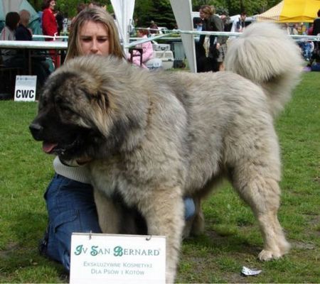 Kaukasischer Schäferhund Kavkazskoy Natsionalnosti NURBEK - Candidate Champion of Poland, Multi Best Male in Breed, Multi Best of Breed Winner, the most winning Junior Male in Poland in the year 2006 (winner of 6 International Shows in Poland in Junior Class + 6 times Best Junior), Junior Champion of Poland, Multi Junior Winner, Multi Best Junior in Breed, Winner of II FCI Junior\\\\\\\\\\\\\\\\\\\\\\\\\\\\\\\\\\\\\\\\\\\\\\\\\\\\\\\\\\\\\\\\\\\\\\\\\\\\\\\\\\\\\\\\\\\\\\\\\\\\\\\\\\\\\\\\\\\\\\\\\\\\\\\\\\\\\\\\\\\\\\\\\\\\\\\\\\\\\\\\\\\\\\\\\\\\\\\\\\\\\\\\\\\\\\\\\\\\\\\\\\\\\\\\\\\\\\\\\\\\\\\\\\\\\\\\\\\\\\\\\\\\\\\\\\\\\\\\\\\\\\\\\\\\\\\\\\\\\\\\\\\\\\\\\\\\\\\\\\\\\\\\\\\\\\\\\\\\\\\\\\\\\\\\\\\\\\\\\\\\\\\\\\\\\\\\\\\\\\\\\\\\\\\\\\\\\\\\\\\\\\\\\\\\\\\\\\\\\\\\\\\\\\\\\\\\\\\\\\\\\\\\\\\\\\\\\\\\\\\\\\\\\\\\\\\\\\\\\\\\\\\\\\\\\\\\\\\\\\\\\\\\\\\\\\\\\\\\\\\\\\\\\\\\\\\\\\\\\\\\\\\\\\\\\\\\\\\\\\\\\\\\\\\\\\\\\\\\\\\\\\\\\\\\\\\\\\\\\\\\\\\\\\\\\\\\\\\\\\\\\\\\\\\\\\\\\\\\\\\\\\\\\\\\\\\\\\\\\\\\\\\\\\\\\\\\\\\\\\\\\\\\\\\\\\\\\\\\\\\\\\\\\\\\\\\\\\\\\\\\\\\\\\\\\\\\\\\\\\\\\\\\\\\\\\\\\\\\\\\\\\\\\\\\\\\\\\\\\\\\\\\\\\\\\\\\\\\\\\\\\\\\\\\\\\\\\\\\\\\\\\\\\\\\\\\\\\\\\\\\\\\\\\\\\\\\\\\\\\\\\\\\\\\\\\\\\\\\\\\\\\\\\\\\\\\\\\\\\\\\\\\\\\\\\\\\\\\\\\\\\\\\\\\\\\\\\\\\\\\\\\\\\\\\\\\\\\\\\\\\\\\\\\\\\\\\\\\\\\\\\\\\\\\\\\\\\\\\\\\\\\\\\\\\\\\\\\\\\\\\\\\\\\\\\\\\\\\\\\\\\\\\\\\\\\\\\\\\\\\\\\\\\\\\\\\\\\\\\\\\\\\\\\\\\\\\\\\\\\\\\\\\\\\\\\\\\\\\\\\\\\\\\\\\\\\\\\\\\\\\\\\\\\\\\\\\\\\\\\\\\\\\\\\\\\\\\\\\\\\\\\\\\\\\\\\\\\\\\\\\\\\\\\\\\\\\\\\\\\\\\\\\\\\\\\\\\\\\\\\\\\\\\\\\\\\\\\\\\\\\\\\\\\\\\\\\\\\\\\\\\\\\\\\\\\\\\\\\\\\\\\\\\\\\\\\\\\\\\\\\\\\\\\\\\\\\\\\\\\\\\\\\\\\\\\\\\\\\\\\\\\\\\\\\\\\\\\\\\\\\\\\\\\\\\\\\\\\\\\\\\\\\\\\\\\\\\\\\\\\\\\\\\\\\\\\\\\\\\\\\\\\\\\\\\\\\\\\\\\\\\\\\\\\\\\\\\\\\\\\\\\\\\\\\\\\\\\\\\\\\\\\\\\\\\\\\\\\\\\\\\\\\\\\\\\\\\\\\\\\\\\\\\\\\\\\\\\\\\\\\\\\\\\\\\\\\\\\\\\\\\\\\\\\\\\\\\\\\\\\\\\\\\\\\\\\\\\\\\\\\\\\\\\\\\\\\\\\\\\\\\\\\\\\\\\\\\\\\\\\\\\\\\\\\\\\\\\\\\\\\\\\\\\\\\\\\\\\\\\\\\\\\\\\\\\\\\\\\\\\\\\\\\\\\\\\\\\\\\\\\\\\\\\\\\\\\\\\\\\\\\\\\\\\\\\\\\\\\\\\\\\\\\\\\\\\\\\\\\\\\\\\\\\\\\\\\\\\\\\\\\\\\\\\\\\\\\\\\\\\\\\\\\\\\\\\\\\\\\\\\\\\\\\\\\\\\\\\\\\\\\\\\\\\\\\\\\\\\\\\\\\\\\\\\\\\\\\\\\\\\\\\\\\\\\\\\\\\\\\\\\\\\\\\\\\\\\\\\\\\\\\\\\\\\\\\\\\\\\\\\\\\\\\\\\\\\\\\\\\\\\\\\\\\\\\\\\\\\\\\\\\\\\\\\\\\\\\\\\\\\\\\\\\\\\\\\\\\\\\\\\\\\\\\\\\\\\\\\\\\\\\\\\\\\\\\\\\\\\\\\\\\\\\\\\\\\\\\\\\\\\\\\\\\\\\\\\\\\\\\\\\\\\\\\\\\\\\\\\\\\\\\\\\\\\\\\\\\\\\\\\\\\\\\\\\\\\\\\\\\\\\\\\\\\\\\\\\\\\\\\\\\\\\\\\\\\\\\\\\\\\\\\\\\\\\\\\\\\\\\\\\\\\\\\\\\\\\\\\\\\\\\\\\\\\\\\\\\\\\\\\\\\\\\\\\\\\\\\\\\\\\\\\\\\\\\\\\\\\\\\\\\\\\\\\\\\\\\\\\\\\\\\\\\\\\\\\\\\\\\\\\\\\\\\\\\\\\\\\\\\\\\\\\\\\\\\\\\\\\\\\\\\\\\\\\\\\\\\\\\\\\\\\\\\\\\\\\\\\\\\\\\\\\\\\\\\\\\\\\\\\\\\\\\\\\\\\\\\\\\\\\\\\\\\\\\\\\\\\\\\\\\\\\\\\\\\\\\\\\\\\\\\\\\\\\\\\\\\\\\\\\\\\\\\\\\\\\\\\\\\\\\\\\\\\\\\\\\\\\\\\\\\\\\\\\\\\\\\\\\\\\\\\\\\\\\\\\\\\\\\\\\\\\\\\\\\\\\\\\\\\\\\\\\\\\\\\\\\\\\\\\\\\\\\\\\\\\\\\\\\\\\\\\\\\\\\\\\\\\\\\\\\\\\\\\\\\\\\\\\\\\\\\\\\\\\\\\\\\\\\\\\\\\\\\\\\\\\\\\\\\\\\\\\\\\\\\\\\\\\\\\\\\\\\\\\\\\\\\\\\\\\\\\\\\\\\\\\\\\\\\\\\\\\\\\\\\\\\\\\\\\\\\\\\\\\\\\\\\\\\\\\\\\\\\\\\\\\\\\\\\\\\\\\\\\\\\\\\\\\\\\\\\\\\\\\\\\\\\\\\\\\\\\\\\\\\\\\\\\\\\\\\\\\\\\\\\\\\\\\\\\\\\\\\\\\\\\\\\\\\\\\\\\\\\\\\\\\\\\\\\\\\\\\\\\\\\\\\\\\\\\\\\\\\\\\\\\\\\\\\\\\\\\\\\\\\\\\\\\\\\\\\\\\\\\\\\\\\\\\\\\\\\\\\\\\\\\\\\\\\\\\\\\\\\\\\\\\\\\\\\\\\\\\\\\\\\\\\\\\\\\\\\\\\\\\\\\\\\\\\\\\\\\\\\\\\\\\\\\\\\\\\\\\\\\\\\\\\\\\\\\\\\\\\\\\\\\\\\\\\\\\\\\\\\\\\\\\\\\\\\\\\\\\\\\\\\\\\\\\\\\\\\\\\\\\\\\\\\\\\\\\\\\\\\\\\\\\\\\\\\\\\\\\\\\\\\\\\\\\\\\\\\\\\\\\\\\\\\\\\\\\\\\\\\\\\\\\\\\\\\\\\\\\\\\\\\\\\\\\\\\\\\\\\\\\\\\\\\\\\\\\\\\\\\\\\\\\\\\\\\\\\\\\\\\\\\\\\\\\\\\\\\\\\\\\\\\\\\\\\\\\\\\\\\\\\\\\\\\\\\\\\\\\\\\\\\\\\\\\\\\\\\\\\\\\\\\\\\\\\\\\\\\\\\\\\\\\\\\\\\\\\\\\\\\\\\\\\\\\\\\\\\\\\\\\\\\\\\\\\\\\\\\\\\\\\\\\\\\\\\\\\\\\\\\\\\\\\\\\\\\\\\\\\\\\\\\\\\\\\\\\\\\\\\\\\\\\\\\\\\\\\\\\\\\\\\\\\\\\\\\\\\\\\\\\\\\\\\\\\\\\\\\\\\\\\\\\\\\\\\\\\\\\\\\\\\\\\\\\\\\\\\\\\\\\\\\\\\\\\\\\\\\\\\\\\\\\\\\\\\\\\\\\\\\\\\\\\\\\\\\\\\\\\\\\\\\\\\\\\\\\\\\\\\\\\\\\\\\\\\\\\\\\\\\\\\\\\\\\\\\\\\\\\\\\\\\\\\\\\\\\\\\\\\\\\\\\\\\\\\\\\\\\\\\\\\\\\\\\\\\\\\\\\\\\\\\\\\\\\\\\\\\\\\\\\\\\\\\\\\\\\\\\\\\\\\\\\\\\\\\\\\\\\\\\\\\\\\\\\\\\\\\\\\\\\\\\\\\\\\\\\\\\\\\\\\\\\\\\\\\\\\\\\\\\\\\\\\\\\\\\\\\\\\\\\\\\\\\\\\\\\\\\\\\\\\\\\\\\\\\\\\\\\\\\\\\\\\\\\\\\\\\\\\\\\\\\\\\\\\\\\\\\\\\\\\\\\\\\\\\\\\\\\\\\\\\\\\\\\\\\\\\\\\\\\\\\\\\\\\\\\\\\\\\\\\\\\\\\\\\\\\\\\\\\\\\\\\\\\\\\\\\\\\\\\\\\\\\\\\\\\\\\\\\\\\\\\\\\\\\\\\\\\\\\\\\\\\\\\\\\\\\\\\\\\\\\\\\\\\\\\\\\\\\\\\\\\\\\\\\\\\\\\\\\\\\\\\\\\\\\\\\\\\\\\\\\\\\\\\\\\\\\\\\\\\\\\\\\\\\\\\\\\\\\\\\\\\\\\\\\\\\\\\\\\\\\\\\\\\\\\\\\\\\\\\\\\\\\\\\\\\\\\\\\\\\\\\\\\\\\\\\\\\\\\\\\\\\\\\\\\\\\\\\\\\\\\\\\\\\\\\\\\\\\\\\\\\\\\\\\\\\\\\\\\\\\\\\\\\\\\\\\\\\\\\\\\\\\\\\\\\\\\\\\\\\\\\\\\\\\\\\\\\\\\\\\\\\\\\\\\\\\\\\\\\\\\\\\\\\\\\\\\\\\\\\\\\\\\\\\\\\\\\\\\\\\\\\\\\\\\\\\\\\\\\\\\\\\\\\\\\\\\\\\\\\\\\\\\\\\\\\\\\\\\\\\\\\\\\\\\\\\\\\\\\\\\\\\\\\\\\\\\\\\\\\\\\\\\\\\\\\\\\\\\\\\\\\\\\\\\\\\\\\\\\\\\\\\\\\\\\\\\\\\\\\\\\\\\\\\\\\\\\\\\\\\\\\\\\\\\\\\\\\\\\\\\\\\\\\\\\\\\\\\\\\\\\\\\\\\\\\\\\\\\\\\\\\\\\\\\\\\\\\\\\\\\\\\\\\\\\\\\\\\\\\\\\\\\\\\\\\\\\\\\\\\\\\\\\\\\\\\\\\\\\\\\\\\\\\\\\\\\\\\\\\\\\\\\\\\\\\\\\\\\\\\\\\\\\\\\\\\\\\\\\\\\\\\\\\\\\\\\\\\\\\\\\\\\\\\\\\\\\\\\\\\\\\\\\\\\\\\\\\\\\\\\\\\\\\\\\\\\\\\\\\\\\\\\\\\\\\\\\\\\\\\\\\\\\\\\\\\\\\\\\\\\\\\\\\\\\\\\\\\\\\\\\\\\\\\\\\\\\\\\\\\\\\\\\\\\\\\\\\\\\\\\\\\\\\\\\\\\\\\\\\\\\\\\\\\\\\\\\\\\\\\\\\\\\\\\\\\\\\\\\\\\\\\\\\\\\\\\\\\\\\\\\\\\\\\\\\\\\\\\\\\\\\\\\\\\\\\\\\\\\\\\\\\\\\\\\\\\\\\\\\\\\\\\\\\\\\\\\\\\\\\\\\\\\\\\\\\\\\\\\\\\\\\\\\\\\\\\\\\\\\\\\\\\\\\\\\\\\\\\\\\\\\\\\\\\\\\\\\\\\\\\\\\\\\\\\\\\\\\\\\\\\\\\\\\\\\\\\\\\\\\\\\\\\\\\\\\\\\\\\\\\\\\\\\\\\\\\\\\\\\\\\\\\\\\\\\\\\\\\\\\\\\\\\\\\\\\\\\\\\\\\\\\\\\\\\\\\\\\\\\\\\\\\\\\\\\\\\\\\\\\\\\\\\\\\\\\\\\\\\\\\\\\\\\\\\\\\\\\\\\\\\\\\\\\\\\\\\\\\\\\\\\\\\\\\\\\\\\\\\\\\\\\\\\\\\\\\\\\\\\\\\\\\\\\\\\\\\\\\\\\\\\\\\\\\\\\\\\\\\\\\\\\\\\\\\\\\\\\\\\\\\\\\\\\\\\\\\\\\\\\\\\\\\\\\\\\\\\\\\\\\\\\\\\\\\\\\\\\\\\\\\\\\\\\\\\\\\\\\\\\\\\\\\\\\\\\\\\\\\\\\\\\\\\\\\\\\\\\\\\\\\\\\\\\\\\\\\\\\\\\\\\\\\\\\\\\\\\\\\\\\\\\\\\\\\\\\\\\\\\\\\\\\\\\\\\\\\\\\\\\\\\\\\\\\\\\\\\\\\\\\\\\\\\\\\\\\\\\\\\\\\\\\\\\\\\\\\\\\\\\\\\\\\\\\\\\\\\\\\\\\\\\\\\\\\\\\\\\\\\\\\\\\\\\\\\\\\\\\\\\\\\\\\\\\\\\\\\\\\\\\\\\\\\\\\\\\\\\\\\\\\\\\\\\\\\\\\\\\\\\\\\\\\\\\\\\\\\\\\\\\\\\\\\\\\\\\\\\\\\\\\\\\\\\\\\\\\\\\\\\\\\\\\\\\\\\\\\\\\\\\\\\\\\\\\\\\\\\\\\\\\\\\\\\\\\\\\\\\\\\\\\\\\\\\\\\\\\\\\\\\\\\\\\\\\\\\\\\\\\\\\\\\\\\\\\\\\\\\\\\\\\\\\\\\\\\\\\\\\\\\\\\\\\\\\\\\\\\\\\\\\\\\\\\\\\\\\\\\\\\\\\\\\\\\\\\\\\\\\\\\\\\\\\\\\\\\\\\\\\\\\\\\\\\\\\\\\\\\\\\\\\\\\\\\\\\\\\\\\\\\\\\\\\\\\\\\\\\\\\\\\\\\\\\\\\\\\\\\\\\\\\\\\\\\\\\\\\\\\\\\\\\\\\\\\\\\\\\\\\\\\\\\\\\\\\\\\\\\\\\\\\\\\\\\\\\\\\\\\\\\\\\\\\\\\\\\\\\\\\\\\\\\\\\\\\\\\\\\\\\\\\\\\\\\\\\\\\\\\\\\\\\\\\\\\\\\\\\\\\\\\\\\\\\\\\\\\\\\\\\\\\\\\\\\\\\\\\\\\\\\\\\\\\\\\\\\\\\\\\\\\\\\\\\\\\\\\\\\\\\\\\\\\\\\\\\\\\\\\\\\\\\\\\\\\\\\\\\\\\\\\\\\\\\\\\\\\\\\\\\\\\\\\\\\\\\\\\\\\\\\\\\\\\\\\\\\\\\\\\\\\\\\\\\\\\\\\\\\\\\\\\\\\\\\\\\\\\\\\\\\\\\\\\\\\\\\\\\\\\\\\\\\\\\\\\\\\\\\\\\\\\\\\\\\\\\\\\\\\\\\\\\\\\\\\\\\\\\\\\\\\\\\\\\\\\\\\\\\\\\\\\\\\\\\\\\\\\\\\\\\\\\\\\\\\\\\\\\\\\\\\\\\\\\\\\\\\\\\\\\\\\\\\\\\\\\\\\\\\\\\\\\\\\\\\\\\\\\\\\\\\\\\\\\\\\\\\\\\\\\\\\\\\\\\\\\\\\\\\\\\\\\\\\\\\\\\\\\\\\\\\\\\\\\\\\\\\\\\\\\\\\\\\\\\\\\\\\\\\\\\\\\\\\\\\\\\\\\\\\\\\\\\\\\\\\\\\\\\\\\\\\\\\\\\\\\\\\\\\\\\\\\\\\\\\\\\\\\\\\\\\\\\\\\\\\\\\\\\\\\\\\\\\\\\\\\\\\\\\\\\\\\\\\\\\\\\\\\\\\\\\\\\\\\\\\\\\\\\\\\\\\\\\\\\\\\\\\\\\\\\\\\\\\\\\\\\\\\\\\\\\\\\\\\\\\\\\\\\\\\\\\\\\\\\\\\\\\\\\\\\\\\\\\\\\\\\\\\\\\\\\\\\\\\\\\\\\\\\\\\\\\\\\\\\\\\\\\\\\\\\\\\\\\\\\\\\\\\\\\\\\\\\\\\\\\\\\\\\\\\\\\\\\\\\\\\\\\\\\\\\\\\\\\\\\\\\\\\\\\\\\\\\\\\\\\\\\\\\\\\\\\\\\\\\\\\\\\\\\\\\\\\\\\\\\\\\\\\\\\\\\\\\\\\\\\\\\\\\\\\\\\\\\\\\\\\\\\\\\\\\\\\\\\\\\\\\\\\\\\\\\\\\\\\\\\\\\\\\\\\\\\\\\\\\\\\\\\\\\\\\\\\\\\\\\\\\\\\\\\\\\\\\\\\\\\\\\\\\\\\\\\\\\\\\\\\\\\\\\\\\\\\\\\\\\\\\\\\\\\\\\\\\\\\\\\\\\\\\\\\\\\\\\\\\\\\\\\\\\\\\\\\\\\\\\\\\\\\\\\\\\\\\\\\\\\\\\\\\\\\\\\\\\\\\\\\\\\\\\\\\\\\\\\\\\\\\\\\\\\\\\\\\\\\\\\\\\\\\\\\\\\\\\\\\\\\\\\\\\\\\\\\\\\\\\\\\\\\\\\\\\\\\\\\\\\\\\\\\\\\\\\\\\\\\\\\\\\\\\\\\\\\\\\\\\\\\\\\\\\\\\\\\\\\\\\\\\\\\\\\\\\\\\\\\\\\\\\\\\\\\\\\\\\\\\\\\\\\\\\\\\\\\\\\\\\\\\\\\\\\\\\\\\\\\\\\\\\\\\\\\\\\\\\\\\\\\\\\\\\\\\\\\\\\\\\\\\\\\\\\\\\\\\\\\\\\\\\\\\\\\\\\\\\\\\\\\\\\\\\\\\\\\\\\\\\\\\\\\\\\\\\\\\\\\\\\\\\\\\\\\\\\\\\\\\\\\\\\\\\\\\\\\\\\\\\\\\\\\\\\\\\\\\\\\\\\\\\\\\\\\\\\\\\\\\\\\\\\\\\\\\\\\\\\\\\\\\\\\\\\\\\\\\\\\\\\\\\\\\\\\\\\\\\\\\\\\\\\\\\\\\\\\\\\\\\\\\\\\\\\\\\\\\\\\\\\\\\\\\\\\\\\\\\\\\\\\\\\\\\\\\\\\\\\\\\\\\\\\\\\\\\\\\\\\\\\\\\\\\\\\\\\\\\\\\\\\\\\\\\\\\\\\\\\\\\\\\\\\\\\\\\\\\\\\\\\\\\\\\\\\\\\\\\\\\\\\\\\\\\\\\\\\\\\\\\\\\\\\\\\\\\\\\\\\\\\\\\\\\\\\\\\\\\\\\\\\\\\\\\\\\\\\\\\\\\\\\\\\\\\\\\\\\\\\\\\\\\\\\\\\\\\\\\\\\\\\\\\\\\\\\\\\\\\\\\\\\\\\\\\\\\\\\\\\\\\\\\\\\\\\\\\\\\\\\\\\\\\\\\\\\\\\\\\\\\\\\\\\\\\\\\\\\\\\\\\\\\\\\\\\\\\\\\\\\\\\\\\\\\\\\\\\\\\\\\\\\\\\\\\\\\\\\\\\\\\\\\\\\\\\\\\\\\\\\\\\\\\\\\\\\\\\\\\\\\\\\\\\\\\\\\\\\\\\\\\\\\\\\\\\\\\\\\\\\\\\\\\\\\\\\\\\\\\\\\\\\\\\\\\\\\\\\\\\\\\\\\\\\\\\\\\\\\\\\\\\\\\\\\\\\\\\\\\\\\\\\\\\\\\\\\\\\\\\\\\\\\\\\\\\\\\\\\\\\\\\\\\\\\\\\\\\\\\\\\\\\\\\\\\\\\\\\\\\\\\\\\\\\\\\\\\\\\\\\\\\\\\\\\\\\\\\\\\\\\\\\\\\\\\\\\\\\\\\\\\\\\\\\\\\\\\\\\\\\\\\\\\\\\\\\\\\\\\\\\\\\\\\\\\\\\\\\\\\\\\\\\\\\\\\\\\\\\\\\\\\\\\\\\\\\\\\\\\\\\\\\\\\\\\\\\\\\\\\\\\\\\\\\\\\\\\\\\\\\\\\\\\\\\\\\\\\\\\\\\\\\\\\\\\\\\\\\\\\\\\\\\\\\\\\\\\\\\\\\\\\\\\\\\\\\\\\\\\\\\\\\\\\\\\\\\\\\\\\\\\\\\\\\\\\\\\\\\\\\\\\\\\\\\\\\\\\\\\\\\\\\\\\\\\\\\\\\\\\\\\\\\\\\\\\\\\\\\\\\\\\\\\\\\\\\\\\\\\\\\\\\\\\\\\\\\\\\\\\\\\\\\\\\\\\\\\\\\\\\\\\\\\\\\\\\\\\\\\\\\\\\\\\\\\\\\\\\\\\\\\\\\\\\\\\\\\\\\\\\\\\\\\\\\\\\\\\\\\\\\\\\\\\\\\\\\\\\\\\\\\\\\\\\\\\\\\\\\\\\\\\\\\\\\\\\\\\\\\\\\\\\\\\\\\\\\\\\\\\\\\\\\\\\\\\\\\\\\\\\\\\\\\\\\\\\\\\\\\\\\\\\\\\\\\\\\\\\\\\\\\\\\\\\\\\\\\\\\\\\\\\\\\\\\\\\\\\\\\\\\\\\\\\\\\\\\\\\\\\\\\\\\\\\\\\\\\\\\\\\\\\\\\\\\\\\\\\\\\\\\\\\\\\\\\\\\\\\\\\\\\\\\\\\\\\\\\\\\\\\\\\\\\\\\\\\\\\\\\\\\\\\\\\\\\\\\\\\\\\\\\\\\\\\\\\\\\\\\\\\\\\\\\\\\\\\\\\\\\\\\\\\\\\\\\\\\\\\\\\\\\\\\\\\\\\\\\\\\\\\\\\\\\\\\\\\\\\\\\\\\\\\\\\\\\\\\\\\\\\\\\\\\\\\\\\\\\\\\\\\\\\\\\\\\\\\\\\\\\\\\\\\\\\\\\\\\\\\\\\\\\\\\\\\\\\\\\\\\\\\\\\\\\\\\\\\\\\\\\\\\\\\\\\\\\\\\\\\\\\\\\\\\\\\\\\\\\\\\\\\\\\\\\\\\\\\\\\\\\\\\\\\\\\\\\\\\\\\\\\\\\\\\\\\\\\\\\\\\\\\\\\\\\\\\\\\\\\\\\\\\\\\\\\\\\\\\\\\\\\\\\\\\\\\\\\\\\\\\\\\\\\\\\\\\\\\\\\\\\\\\\\\\\\\\\\\\\\\\\\\\\\\\\\\\\\\\\\\\\\\\\\\\\\\\\\\\\\\\\\\\\\\\\\\\\\\\\\\\\\\\\\\\\\\\\\\\\\\\\\\\\\\\\\\\\\\\\\\\\\\\\\\\\\\\\\\\\\\\\\\\\\\\\\\\\\\\\\\\\\\\\\\\\\\\\\\\\\\\\\\\\\\\\\\\\\\\\\\\\\\\\\\\\\\\\\\\\\\\\\\\\\\\\\\\\\\\\\\\\\\\\\\\\\\\\\\\\\\\\\\\\\\\\\\\\\\\\\\\\\\\\\\\\\\\\\\\\\\\\\\\\\\\\\\\\\\\\\\\\\\\\\\\\\\\\\\\\\\\\\\\\\\\\\\\\\\\\\\\\\\\\\\\\\\\\\\\\\\\\\\\\\\\\\\\\\\\\\\\\\\\\\\\\\\\\\\\\\\\\\\\\\\\\\\\\\\\\\\\\\\\\\\\\\\\\\\\\\\\\\\\\\\\\\\\\\\\\\\\\\\\\\\\\\\\\\\\\\\\\\\\\\\\\\\\\\\\\\\\\\\\\\\\\\\\\\\\\\\\\\\\\\\\\\\\\\\\\\\\\\\\\\\\\\\\\\\\\\\\\\\\\\\\\\\\\\\\\\\\\\\\\\\\\\\\\\\\\\\\\\\\\\\\\\\\\\\\\\\\\\\\\\\\\\\\\\\\\\\\\\\\\\\\\\\\\\\\\\\\\\\\\\\\\\\\\\\\\\\\\\\\\\\\\\\\\\\\\\\\\\\\\\\\\\\\\\\\\\\\\\\\\\\\\\\\\\\\\\\\\\\\\\\\\\\\\\\\\\\\\\\\\\\\\\\\\\\\\\\\\\\\\\\\\\\\\\\\\\\\\\\\\\\\\\\\\\\\\\\\\\\\\\\\\\\\\\\\\\\\\\\\\\\\\\\\\\\\\\\\\\\\\\\\\\\\\\\\\\\\\\\\\\\\\\\\\\\\\\\\\\\\\\\\\\\\\\\\\\\\\\\\\\\\\\\\\\\\\\\\\\\\\\\\\\\\\\\\\\\\\\\\\\\\\\\\\\\\\\\\\\\\\\\\\\\\\\\\\\\\\\\\\\\\\\\\\\\\\\\\\\\\\\\\\\\\\\\\\\\\\\\\\\\\\\\\\\\\\\\\\\\\\\\\\\\\\\\\\\\\\\\\\\\\\\\\\\\\\\\\\\\\\\\\\\\\\\\\\\\\\\\\\\\\\\\\\\\\\\\\\\\\\\\\\\\\\\\\\\\\\\\\\\\\\\\\\\\\\\\\\\\\\\\\\\\\\\\\\\\\\\\\\\\\\\\\\\\\\\\\\\\\\\\\\\\\\\\\\\\\\\\\\\\\\\\\\\\\\\\\\\\\\\\\\\\\\\\\\\\\\\\\\\\\\\\\\\\\\\\\\\\\\\\\\\\\\\\\\\\\\\\\\\\\\\\\\\\\\\\\\\\\\\\\\\\\\\\\\\\\\\\\\\\\\\\\\\\\\\\\\\\\\\\\\\\\\\\\\\\\\\\\\\\\\\\\\\\\\\\\\\\\\\\\\\\\\\\\\\\\\\\\\\\\\\\\\\\\\\\\\\\\\\\\\\\\\\\\\\\\\\\\\\\\\\\\\\\\\\\\\\\\\\\\\\\\\\\\\\\\\\\\\\\\\\\\\\\\\\\\\\\\\\\\\\\\\\\\\\\\\\\\\\\\\\\\\\\\\\\\\\\\\\\\\\\\\\\\\\\\\\\\\\\\\\\\\\\\\\\\\\\\\\\\\\\\\\\\\\\\\\\\\\\\\\\\\\\\\\\\\\\\\\\\\\\\\\\\\\\\\\\\\\\\\\\\\\\\\\\\\\\\\\\\\\\\\\\\\\\\\\\\\\\\\\\\\\\\\\\\\\\\\\\\\\\\\\\\\\\\\\\\\\\\\\\\\\\\\\\\\\\\\\\\\\\\\\\\\\\\\\\\\\\\\\\\\\\\\\\\\\\\\\\\\\\\\\\\\\\\\\\\\\\\\\\\\\\\\\\\\\\\\\\\\\\\\\\\\\\\\\\\\\\\\\\\\\\\\\\\\\\\\\\\\\\\\\\\\\\\\\\\\\\\\\\\\\\\\\\\\\\\\\\\\\\\\\\\\\\\\\\\\\\\\\\\\\\\\\\\\\\\\\\\\\\\\\\\\\\\\\\\\\\\\\\\\\\\\\\\\\\\\\\\\\\\\\\\\\\\\\\\\\\\\\\\\\\\\\\\\\\\\\\\\\\\\\\\\\\\\\\\\\\\\\\\\\\\\\\\\\\\\\\\\\\\\\\\\\\\\\\\\\\\\\\\\\\\\\\\\\\\\\\\\\\\\\\\\\\\\\\\\\\\\\\\\\\\\\\\\\\\\\\\\\\\\\\\\\\\\\\\\\\\\\\\\\\\\\\\\\\\\\\\\\\\\\\\\\\\\\\\\\\\\\\\\\\\\\\\\\\\\\\\\\\\\\\\\\\\\\\\\\\\\\\\\\\\\\\\\\\\\\\\\\\\\\\\\\\\\\\\\\\\\\\\\\\\\\\\\\\\\\\\\\\\\\\\\\\\\\\\\\\\\\\\\\\\\\\\\\\\\\\\\\\\\\\\\\\\\\\\\\\\\\\\\\\\\\\\\\\\\\\\\\\\\\\\\\\\\\\\\\\\\\\\\\\\\\\\\\\\\\\\\\\\\\\\\\\\\\\\\\\\\\\\\\\\\\\\\\\\\\\\\\\\\\\\\\\\\\\\\\\\\\\\\\\\\\\\\\\\\\\\\\\\\\\\\\\\\\\\\\\\\\\\\\\\\\\\\\\\\\\\\\\\\\\\\\\\\\\\\\\\\\\\\\\\\\\\\\\\\\\\\\\\\\\\\\\\\\\\\\\\\\\\\\\\\\\\\\\\\\\\\\\\\\\\\\\\\\\\\\\\\\\\\\\\\\\\\\\\\\\\\\\\\\\\\\\\\\\\\\\\\\\\\\\\\\\\\\\\\\\\\\\\\\\\\\\\\\\\\\\\\\\\\\\\\\\\\\\\\\\\\\\\\\\\\\\\\\\\\\\\\\\\\\\\\\\\\\\\\\\\\\\\\\\\\\\\\\\\\\\\\\\\\\\\\\\\\\\\\\\\\\\\\\\\\\\\\\\\\\\\\\\\\\\\\\\\\\\\\\\\\\\\\\\\\\\\\\\\\\\\\\\\\\\\\\\\\\\\\\\\\\\\\\\\\\\\\\\\\\\\\\\\\\\\\\\\\\\\\\\\\\\\\\\\\\\\\\\\\\\\\\\\\\\\\\\\\\\\\\\\\\\\\\\\\\\\\\\\\\\\\\\\\\\\\\\\\\\\\\\\\\\\\\\\\\\\\\\\\\\\\\\\\\\\\\\\\\\\\\\\\\\\\\\\\\\\\\\\\\\\\\\\\\\\\\\\\\\\\\\\\\\\\\\\\\\\\\\\\\\\\\\\\\\\\\\\\\\\\\\\\\\\\\\\\\\\\\\\\\\\\\\\\\\\\\\\\\\\\\\\\\\\\\\\\\\\\\\\\\\\\\\\\\\\\\\\\\\\\\\\\\\\\\\\\\\\\\\\\\\\\\\\\\\\\\\\\\\\\\\\\\\\\\\\\\\\\\\\\\\\\\\\\\\\\\\\\\\\\\\\\\\\\\\\\\\\\\\\\\\\\\\\\\\\\\\\\\\\\\\\\\\\\\\\\\\\\\\\\\\\\\\\\\\\\\\\\\\\\\\\\\\\\\\\\\\\\\\\\\\\\\\\\\\\\\\\\\\\\\\\\\\\\\\\\\\\\\\\\\\\\\\\\\\\\\\\\\\\\\\\\\\\\\\\\\\\\\\\\\\\\\\\\\\\\\\\\\\\\\\\\\\\\\\\\\\\\\\\\\\\\\\\\\\\\\\\\\\\\\\\\\\\\\\\\\\\\\\\\\\\\\\\\\\\\\\\\\\\\\\\\\\\\\\\\\\\\\\\\\\\\\\\\\\\\\\\\\\\\\\\\\\\\\\\\\\\\\\\\\\\\\\\\\\\\\\\\\\\\\\\\\\\\\\\\\\\\\\\\\\\\\\\\\\\\\\\\\\\\\\\\\\\\\\\\\\\\\\\\\\\\\\\\\\\\\\\\\\\\\\\\\\\\\\\\\\\\\\\\\\\\\\\\\\\\\\\\\\\\\\\\\\\\\\\\\\\\\\\\\\\\\\\\\\\\\\\\\\\\\\\\\\\\\\\\\\\\\\\\\\\\\\\\\\\\\\\\\\\\\\\\\\\\\\\\\\\\\\\\\\\\\\\\\\\\\\\\\\\\\\\\\\\\\\\\\\\\\\\\\\\\\\\\\\\\\\\\\\\\\\\\\\\\\\\\\\\\\\\\\\\\\\\\\\\\\\\\\\\\\\\\\\\\\\\\\\\\\\\\\\\\\\\\\\\\\\\\\\\\\\\\\\\\\\\\\\\\\\\\\\\\\\\\\\\\\\\\\\\\\\\\\\\\\\\\\\\\\\\\\\\\\\\\\\\\\\\\\\\\\\\\\\\\\\\\\\\\\\\\\\\\\\\\\\\\\\\\\\\\\\\\\\\\\\\\\\\\\\\\\\\\\\\\\\\\\\\\\\\\\\\\\\\\\\\\\\\\\\\\\\\\\\\\\\\\\\\\\\\\\\\\\\\\\\\\\\\\\\\\\\\\\\\\\\\\\\\\\\\\\\\\\\\\\\\\\\\\\\\\\\\\\\\\\\\\\\\\\\\\\\\\\\\\\\\\\\\\\\\\\\\\\\\\\\\\\\\\\\\\\\\\\\\\\\\\\\\\\\\\\\\\\\\\\\\\\\\\\\\\\\\\\\\\\\\\\\\\\\\\\\\\\\\\\\\\\\\\\\\\\\\\\\\\\\\\\\\\\\\\\\\\\\\\\\\\\\\\\\\\\\\\\\\\\\\\\\\\\\\\\\\\\\\\\\\\\\\\\\\\\\\\\\\\\\\\\\\\\\\\\\\\\\\\\\\\\\\\\\\\\\\\\\\\\\\\\\\\\\\\\\\\\\\\\\\\\\\\\\\\\\\\\\\\\\\\\\\\\\\\\\\\\\\\\\\\\\\\\\\\\\\\\\\\\\\\\\\\\\\\\\\\\\\\\\\\\\\\\\\\\\\\\\\\\\\\\\\\\\\\\\\\\\\\\\\\\\\\\\\\\\\\\\\\\\\\\\\\\\\\\\\\\\\\\\\\\\\\\\\\\\\\\\\\\\\\\\\\\\\\\\\\\\\\\\\\\\\\\\\\\\\\\\\\\\\\\\\\\\\\\\\\\\\\\\\\\\\\\\\\\\\\\\\\\\\\\\\\\\\\\\\\\\\\\\\\\\\\\\\\\\\\\\\\\\\\\\\\\\\\\\\\\\\\\\\\\\\\\\\\\\\\\\\\\\\\\\\\\\\\\\\\\\\\\\\\\\\\\\\\\\\\\\\\\\\\\\\\\\\\\\\\\\\\\\\\\\\\\\\\\\\\\\\\\\\\\\\\\\\\\\\\\\\\\\\\\\\\\\\\\\\\\\\\\\\\\\\\\\\\\\\\\\\\\\\\\\\\\\\\\\\\\\\\\\\\\\\\\\\\\\\\\\\\\\\\\\\\\\\\\\\\\\\\\\\\\\\\\\\\\\\\\\\\\\\\\\\\\\\\\\\\\\\\\\\\\\\\\\\\\\\\\\\\\\\\\\\\\\\\\\\\\\\\\\\\\\\\\\\\\\\\\\\\\\\\\\\\\\\\\\\\\\\\\\\\\\\\\\\\\\\\\\\\\\\\\\\\\\\\\\\\\\\\\\\\\\\\\\\\\\\\\\\\\\\\\\\\\\\\\\\\\\\\\\\\\\\\\\\\\\\\\\\\\\\\\\\\\\\\\\\\\\\\\\\\\\\\\\\\\\\\\\\\\\\\\\\\\\\\\\\\\\\\\\\\\\\\\\\\\\\\\\\\\\\\\\\\\\\\\\\\\\\\\\\\\\\\\\\\\\\\\\\\\\\\\\\\\\\\\\\\\\\\\\\\\\\\\\\\\\\\\\\\\\\\\\\\\\\\\\\\\\\\\\\\\\\\\\\\\\\\\\\\\\\\\\\\\\\\\\\\\\\\\\\\\\\\\\\\\\\\\\\\\\\\\\\\\\\\\\\\\\\\\\\\\\\\\\\\\\\\\\\\\\\\\\\\\\\\\\\\\\\\\\\\\\\\\\\\\\\\\\\\\\\\\\\\\\\\\\\\\\\\\\\\\\\\\\\\\\\\\\\\\\\\\\\\\\\\\\\\\\\\\\\\\\\\\\\\\\\\\\\\\\\\\\\\\\\\\\\\\\\\\\\\\\\\\\\\\\\\\\\\\\\\\\\\\\\\\\\\\\\\\\\\\\\\\\\\\\\\\\\\\\\\\\\\\\\\\\\\\\\\\\\\\\\\\\\\\\\\\\\\\\\\\\\\\\\\\\\\\\\\\\\\\\\\\\\\\\\\\\\\\\\\\\\\\\\\\\\\\\\\\\\\\\\\\\\\\\\\\\\\\\\\\\\\\\\\\\\\\\\\\\\\\\\\\\\\\\\\\\\\\\\\\\\\\\\\\\\\\\\\\\\\\\\\\\\\\\\\\\\\\\\\\\\\\\\\\\\\\\\\\\\\\\\\\\\\\\\\\\\\\\\\\\\\\\\\\\\\\\\\\\\\\\\\\\\\\\\\\\\\\\\\\\\\\\\\\\\\\\\\\\\\\\\\\\\\\\\\\\\\\\\\\\\\\\\\\\\\\\\\\\\\\\\\\\\\\\\\\\\\\\\\\\\\\\\\\\\\\\\\\\\\\\\\\\\\\\\\\\\\\\\\\\\\\\\\\\\\\\\\\\\\\\\\\\\\\\\\\\\\\\\\\\\\\\\\\\\\\\\\\\\\\\\\\\\\\\\\\\\\\\\\\\\\\\\\\\\\\\\\\\\\\\\\\\\\\\\\\\\\\\\\\\\\\\\\\\\\\\\\\\\\\\\\\\\\\\\\\\\\\\\\\\\\\\\\\\\\\\\\\\\\\\\\\\\\\\\\\\\\\\\\\\\\\\\\\\\\\\\\\\\\\\\\\\\\\\\\\\\\\\\\\\\\\\\\\\\\\\\\\\\\\\\\\\\\\\\\\\\\\\\\\\\\\\\\\\\\\\\\\\\\\\\\\\\\\\\\\\\\\\\\\\\\\\\\\\\\\\\\\\\\\\\\\\\\\\\\\\\\\\\\\\\\\\\\\\\\\\\\\\\\\\\\\\\\\\\\\\\\\\\\\\\\\\\\\\\\\\\\\\\\\\\\\\\\\\\\\\\\\\\\\\\\\\\\\\\\\\\\\\\\\\\\\\\\\\\\\\\\\\\\\\\\\\\\\\\\\\\\\\\\\\\\\\\\\\\\\\\\\\\\\\\\\\\\\\\\\\\\\\\\\\\\\\\\\\\\\\\\\\\\\\\\\\\\\\\\\\\\\\\\\\\\\\\\\\\\\\\\\\\\\\\\\\\\\\\\\\\\\\\\\\\\\\\\\\\\\\\\\\\\\\\\\\\\\\\\\\\\\\\\\\\\\\\\\\\\\\\\\\\\\\\\\\\\\\\\\\\\\\\\\\\\\\\\\\\\\\\\\\\\\\\\\\\\\\\\\\\\\\\\\\\\\\\\\\\\\\\\\\\\\\\\\\\\\\\\\\\\\\\\\\\\\\\\\\\\\\\\\\\\\\\\\\\\\\\\\\\\\\\\\\\\\\\\\\\\\\\\\\\\\\\\\\\\\\\\\\\\\\\\\\\\\\\\\\\\\\\\\\\\\\\\\\\\\\\\\\\\\\\\\\\\\\\\\\\\\\\\\\\\\\\\\\\\\\\\\\\\\\\\\\\\\\\\\\\\\\\\\\\\\\\\\\\\\\\\\\\\\\\\\\\\\\\\\\\\\\\\\\\\\\\\\\\\\\\\\\\\\\\\\\\\\\\\\\\\\\\\\\\\\\\\\\\\\\\\\\\\\\\\\\\\\\\\\\\\\\\\\\\\\\\\\\\\\\\\\\\\\\\\\\\\\\\\\\\\\\\\\\\\\\\\\\\\\\\\\\\\\\\\\\\\\\\\\\\\\\\\\\\\\\\\\\\\\\\\\\\\\\\\\\\\\\\\\\\\\\\\\\\\\\\\\\\\\\\\\\\\\\\\\\\\\\\\\\\\\\\\\\\\\\\\\\\\\\\\\\\\\\\\\\\\\\\\\\\\\\\\\\\\\\\\\\\\\\\\\\\\\\\\\\\\\\\\\\\\\\\\\\\\\\\\\\\\\\\\\\\\\\\\\\\\\\\\\\\\\\\\\\\\\\\\\\\\\\\\\\\\\\\\\\\\\\\\\\\\\\\\\\\\\\\\\\\\\\\\\\\\\\\\\\\\\\\\\\\\\\\\\\\\\\\\\\\\\\\\\\\\\\\\\\\\\\\\\\\\\\\\\\\\\\\\\\\\\\\\\\\\\\\\\\\\\\\\\\\\\\\\\\\\\\\\\\\\\\\\\\\\\\\\\\\\\\\\\\\\\\\\\\\\\\\\\\\\\\\\\\\\\\\\\\\\\\\\\\\\\\\\\\\\\\\\\\\\\\\\\\\\\\\\\\\\\\\\\\\\\\\\\\\\\\\\\\\\\\\\\\\\\\\\\\\\\\\\\\\\\\\\\\\\\\\\\\\\\\\\\\\\\\\\\\\\\\\\\\\\\\\\\\\\\\\\\\\\\\\\\\\\\\\\\\\\\\\\\\\\\\\\\\\\\\\\\\\\\\\\\\\\\\\\\\\\\\\\\\\\\\\\\\\\\\\\\\\\\\\\\\\\\\\\\\\\\\\\\\\\\\\\\\\\\\\\\\\\\\\\\\\\\\\\\\\\\\\\\\\\\\\\\\\\\\\\\\\\\\\\\\\\\\\\\\\\\\\\\\\\\\\\\\\\\\\\\\\\\\\\\\\\\\\\\\\\\\\\\\\\\\\\\\\\\\\\\\\\\\\\\\\\\\\\\\\\\\\\\\\\\\\\\\\\\\\\\\\\\\\\\\\\\\\\\\\\\\\\\\\\\\\\\\\\\\\\\\\\\\\\\\\\\\\\\\\\\\\\\\\\\\\\\\\\\\\\\\\\\\\\\\\\\\\\\\\\\\\\\\\\\\\\\\\\\\\\\\\\\\\\\\\\\\\\\\\\\\\\\\\\\\\\\\\\\\\\\\\\\\\\\\\\\\\\\\\\\\\\\\\\\\\\\\\\\\\\\\\\\\\\\\\\\\\\\\\\\\\\\\\\\\\\\\\\\\\\\\\\\\\\\\\\\\\\\\\\\\\\\\\\\\\\\\\\\\\\\\\\\\\\\\\\\\\\\\\\\\\\\\\\\\\\\\\\\\\\\\\\\\\\\\\\\\\\\\\\\\\\\\\\\\\\\\\\\\\\\\\\\\\\\\\\\\\\\\\\\\\\\\\\\\\\\\\\\\\\\\\\\\\\\\\\\\\\\\\\\\\\\\\\\\\\\\\\\\\\\\\\\\\\\\\\\\\\\\\\\\\\\\\\\\\\\\\\\\\\\\\\\\\\\\\\\\\\\\\\\\\\\\\\\\\\\\\\\\\\\\\\\\\\\\\\\\\\\\\\\\\\\\\\\\\\\\\\\\\\\\\\\\\\\\\\\\\\\\\\\\\\\\\\\\\\\\\\\\\\\\\\\\\\\\\\\\\\\\\\\\\\\\\\\\\\\\\\\\\\\\\\\\\\\\\\\\\\\\\\\\\\\\\\\\\\\\\\\\\\\\\\\\\\\\\\\\\\\\\\\\\\\\\\\\\\\\\\\\\\\\\\\\\\\\\\\\\\\\\\\\\\\\\\\\\\\\\\\\\\\\\\\\\\\\\\\\\\\\\\\\\\\\\\\\\\\\\\\\\\\\\\\\\\\\\\\\\\\\\\\\\\\\\\\\\\\\\\\\\\\\\\\\\\\\\\\\\\\\\\\\\\\\\\\\\\\\\\\\\\\\\\\\\\\\\\\\\\\\\\\\\\\\\\\\\\\\\\\\\\\\\\\\\\\\\\\\\\\\\\\\\\\\\\\\\\\\\\\\\\\\\\\\\\\\\\\\\\\\\\\\\\\\\\\\\\\\\\\\\\\\\\\\\\\\\\\\\\\\\\\\\\\\\\\\\\\\\\\\\\\\\\\\\\\\\\\\\\\\\\\\\\\\\\\\\\\\\\\\\\\\\\\\\\\\\\\\\\\\\\\\\\\\\\\\\\\\\\\\\\\\\\\\\\\\\\\\\\\\\\\\\\\\\\\\\\\\\\\\\\\\\\\\\\\\\\\\\\\\\\\\\\\\\\\\\\\\\\\\\\\\\\\\\\\\\\\\\\\\\\\\\\\\\\\\\\\\\\\\\\\\\\\\\\\\\\\\\\\\\\\\\\\\\\\\\\\\\\\\\\\\\\\\\\\\\\\\\\\\\\\\\\\\\\\\\\\\\\\\\\\\\\\\\\\\\\\\\\\\\\\\\\\\\\\\\\\\\\\\\\\\\\\\\\\\\\\\\\\\\\\\\\\\\\\\\\\\\\\\\\\\\\\\\\\\\\\\\\\\\\\\\\\\\\\\\\\\\\\\\\\\\\\\\\\\\\\\\\\\\\\\\\\\\\\\\\\\\\\\\\\\\\\\\\\\\\\\\\\\\\\\\\\\\\\\\\\\\\\\\\\\\\\\\\\\\\\\\\\\\\\\\\\\\\\\\\\\\\\\\\\\\\\\\\\\\\\\\\\\\\\\\\\\\\\\\\\\\\\\\\\\\\\\\\\\\\\\\\\\\\\\\\\\\\\\\\\\\\\\\\\\\\\\\\\\\\\\\\\\\\\\\\\\\\\\\\\\\\\\\\\\\\\\\\\\\\\\\\\\\\\\\\\\\\\\\\\\\\\\\\\\\\\\\\\\\\\\\\\\\\\\\\\\\\\\\\\\\\\\\\\\\\\\\\\\\\\\\\\\\\\\\\\\\\\\\\\\\\\\\\\\\\\\\\\\\\\\\\\\\\\\\\\\\\\\\\\\\\\\\\\\\\\\\\\\\\\\\\\\\\\\\\\\\\\\\\\\\\\\\\\\\\\\\\\\\\\\\\\\\\\\\\\\\\\\\\\\\\\\\\\\\\\\\\\\\\\\\\\\\\\\\\\\\\\\\\\\\\\\\\\\\\\\\\\\\\\\\\\\\\\\\\\\\\\\\\\\\\\\\\\\\\\\\\\\\\\\\\\\\\\\\\\\\\\\\\\\\\\\\\\\\\\\\\\\\\\\\\\\\\\\\\\\\\\\\\\\\\\\\\\\\\\\\\\\\\\\\\\\\\\\\\\\\\\\\\\\\\\\\\\\\\\\\\\\\\\\\\\\\\\\\\\\\\\\\\\\\\\\\\\\\\\\\\\\\\\\\\\\\\\\\\\\\\\\\\\\\\\\\\\\\\\\\\\\\\\\\\\\\\\\\\\\\\\\\\\\\\\\\\\\\\\\\\\\\\\\\\\\\\\\\\\\\\\\\\\\\\\\\\\\\\\\\\\\\\\\\\\\\\\\\\\\\\\\\\\\\\\\\\\\\\\\\\\\\\\\\\\\\\\\\\\\\\\\\\\\\\\\\\\\\\\\\\\\\\\\\\\\\\\\\\\\\\\\\\\\\\\\\\\\\\\\\\\\\\\\\\\\\\\\\\\\\\\\\\\\\\\\\\\\\\\\\\\\\\\\\\\\\\\\\\\\\\\\\\\\\\\\\\\\\\\\\\\\\\\\\\\\\\\\\\\\\\\\\\\\\\\\\\\\\\\\\\\\\\\\\\\\\\\\\\\\\\\\\\\\\\\\\\\\\\\\\\\\\\\\\\\\\\\\\\\\\\\\\\\\\\\\\\\\\\\\\\\\\\\\\\\\\\\\\\\\\\\\\\\\\\\\\\\\\\\\\\\\\\\\\\\\\\\\\\\\\\\\\\\\\\\\\\\\\\\\\\\\\\\\\\\\\\\\\\\\\\\\\\\\\\\\\\\\\\\\\\\\\\\\\\\\\\\\\\\\\\\\\\\\\\\\\\\\\\\\\\\\\\\\\\\\\\\\\\\\\\\\\\\\\\\\\\\\\\\\\\\\\\\\\\\\\\\\\\\\\\\\\\\\\\\\\\\\\\\\\\\\\\\\\\\\\\\\\\\\\\\\\\\\\\\\\\\\\\\\\\\\\\\\\\\\\\\\\\\\\\\\\\\\\\\\\\\\\\\\\\\\\\\\\\\\\\\\\\\\\\\\\\\\\\\\\\\\\\\\\\\\\\\\\\\\\\\\\\\\\\\\\\\\\\\\\\\\\\\\\\\\\\\\\\\\\\\\\\\\\\\\\\\\\\\\\\\\\\\\\\\\\\\\\\\\\\\\\\\\\\\\\\\\\\\\\\\\\\\\\\\\\\\\\\\\\\\\\\\\\\\\\\\\\\\\\\\\\\\\\\\\\\\\\\\\\\\\\\\\\\\\\\\\\\\\\\\\\\\\\\\\\\\\\\\\\\\\\\\\\\\\\\\\\\\\\\\\\\\\\\\\\\\\\\\\\\\\\\\\\\\\\\\\\\\\\\\\\\\\\\\\\\\\\\\\\\\\\\\\\\\\\\\\\\\\\\\\\\\\\\\\\\\\\\\\\\\\\\\\\\\\\\\\\\\\\\\\\\\\\\\\\\\\\\\\\\\\\\\\\\\\\\\\\\\\\\\\\\\\\\\\\\\\\\\\\\\\\\\\\\\\\\\\\\\\\\\\\\\\\\\\\\\\\\\\\\\\\\\\\\\\\\\\\\\\\\\\\\\\\\\\\\\\\\\\\\\\\\\\\\\\\\\\\\\\\\\\\\\\\\\\\\\\\\\\\\\\\\\\\\\\\\\\\\\\\\\\\\\\\\\\\\\\\\\\\\\\\\\\\\\\\\\\\\\\\\\\\\\\\\\\\\\\\\\\\\\\\\\\\\\\\\\\\\\\\\\\\\\\\\\\\\\\\\\\\\\\\\\\\\\\\\\\\\\\\\\\\\\\\\\\\\\\\\\\\\\\\\\\\\\\\\\\\\\\\\\\\\\\\\\\\\\\\\\\\\\\\\\\\\\\\\\\\\\\\\\\\\\\\\\\\\\\\\\\\\\\\\\\\\\\\\\\\\\\\\\\\\\\\\\\\\\\\\\\\\\\\\\\\\\\\\\\\\\\\\\\\\\\\\\\\\\\\\\\\\\\\\\\\\\\\\\\\\\\\\\\\\\\\\\\\\\\\\\\\\\\\\\\\\\\\\\\\\\\\\\\\\\\\\\\\\\\\\\\\\\\\\\\\\\\\\\\\\\\\\\\\\\\\\\\\\\\\\\\\\\\\\\\\\\\\\\\\\\\\\\\\\\\\\\\\\\\\\\\\\\\\\\\\\\\\\\\\\\\\\\\\\\\\\\\\\\\\\\\\\\\\\\\\\\\\\\\\\\\\\\\\\\\\\\\\\\\\\\\\\\\\\\\\\\\\\\\\\\\\\\\\\\\\\\\\\\\\\\\\\\\\\\\\\\\\\\\\\\\\\\\\\\\\\\\\\\\\\\\\\\\\\\\\\\\\\\\\\\\\\\\\\\\\\\\\\\\\\\\\\\\\\\\\\\\\\\\\\\\\\\\\\\\\\\\\\\\\\\\\\\\\\\\\\\\\\\\\\\\\\\\\\\\\\\\\\\\\\\\\\\\\\\\\\\\\\\\\\\\\\\\\\\\\\\\\\\\\\\\\\\\\\\\\\\\\\\\\\\\\\\\\\\\\\\\\\\\\\\\\\\\\\\\\\\\\\\\\\\\\\\\\\\\\\\\\\\\\\\\\\\\\\\\\\\\\\\\\\\\\\\\\\\\\\\\\\\\\\\\\\\\\\\\\\\\\\\\\\\\\\\\\\\\\\\\\\\\\\\\\\\\\\\\\\\\\\\\\\\\\\\\\\\\\\\\\\\\\\\\\\\\\\\\\\\\\\\\\\\\\\\\\\\\\\\\\\\\\\\\\\\\\\\\\\\\\\\\\\\\\\\\\\\\\\\\\\\\\\\\\\\\\\\\\\\\\\\\\\\\\\\\\\\\\\\\\\\\\\\\\\\\\\\\\\\\\\\\\\\\\\\\\\\\\\\\\\\\\\\\\\\\\\\\\\\\\\\\\\\\\\\\\\\\\\\\\\\\\\\\\\\\\\\\\\\\\\\\\\\\\\\\\\\\\\\\\\\\\\\\\\\\\\\\\\\\\\\\\\\\\\\\\\\\\\\\\\\\\\\\\\\\\\\\\\\\\\\\\\\\\\\\\\\\\\\\\\\\\\\\\\\\\\\\\\\\\\\\\\\\\\\\\\\\\\\\\\\\\\\\\\\\\\\\\\\\\\\\\\\\\\\\\\\\\\\\\\\\\\\\\\\\\\\\\\\\\\\\\\\\\\\\\\\\\\\\\\\\\\\\\\\\\\\\\\\\\\\\\\\\\\\\\\\\\\\\\\\\\\\\\\\\\\\\\\\\\\\\\\\\\\\\\\\\\\\\\\\\\\\\\\\\\\\\\\\\\\\\\\\\\\\\\\\\\\\\\\\\\\\\\\\\\\\\\\\\\\\\\\\\\\\\\\\\\\\\\\\\\\\\\\\\\\\\\\\\\\\\\\\\\\\\\\\\\\\\\\\\\\\\\\\\\\\\\\\\\\\\\\\\\\\\\\\\\\\\\\\\\\\\\\\\\\\\\\\\\\\\\\\\\\\\\\\\\\\\\\\\\\\\\\\\\\\\\\\\\\\\\\\\\\\\\\\\\\\\\\\\\\\\\\\\\\\\\\\\\\\\\\\\\\\\\\\\\\\\\\\\\\\\\\\\\\\\\\\\\\\\\\\\\\\\\\\\\\\\\\\\\\\\\\\\\\\\\\\\\\\\\\\\\\\\\\\\\\\\\\\\\\\\\\\\\\\\\\\\\\\\\\\\\\\\\\\\\\\\\\\\\\\\\\\\\\\\\\\\\\\\\\\\\\\\\\\\\\\\\\\\\\\\\\\\\\\\\\\\\\\\\\\\\\\\\\\\\\\\\\\\\\\\\\\\\\\\\\\\\\\\\\\\\\\\\\\\\\\\\\\\\\\\\\\\\\\\\\\\\\\\\\\\\\\\\\\\\\\\\\\\\\\\\\\\\\\\\\\\\\\\\\\\\\\\\\\\\\\\\\\\\\\\\\\\\\\\\\\\\\\\\\\\\\\\\\\\\\\\\\\\\\\\\\\\\\\\\\\\\\\\\\\\\\\\\\\\\\\\\\\\\\\\\\\\\\\\\\\\\\\\\\\\\\\\\\\\\\\\\\\\\\\\\\\\\\\\\\\\\\\\\\\\\\\\\\\\\\\\\\\\\\\\\\\\\\\\\\\\\\\\\\\\\\\\\\\\\\\\\\\\\\\\\\\\\\\\\\\\\\\\\\\\\\\\\\\\\\\\\\\\\\\\\\\\\\\\\\\\\\\\\\\\\\\\\\\\\\\\\\\\\\\\\\\\\\\\\\\\\\\\\\\\\\\\\\\\\\\\\\\\\\\\\\\\\\\\\\\\\\\\\\\\\\\\\\\\\\\\\\\\\\\\\\\\\\\\\\\\\\\\\\\\\\\\\\\\\\\\\\\\\\\\\\\\\\\\\\\\\\\\\\\\\\\\\\\\\\\\\\\\\\\\\\\\\\\\\\\\\\\\\\\\\\\\\\\\\\\\\\\\\\\\\\\\\\\\\\\\\\\\\\\\\\\\\\\\\\\\\\\\\\\\\\\\\\\\\\\\\\\\\\\\\\\\\\\\\\\\\\\\\\\\\\\\\\\\\\\\\\\\\\\\\\\\\\\\\\\\\\\\\\\\\\\\\\\\\\\\\\\\\\\\\\\\\\\\\\\\\\\\\\\\\\\\\\\\\\\\\\\\\\\\\\\\\\\\\\\\\\\\\\\\\\\\\\\\\\\\\\\\\\\\\\\\\\\\\\\\\\\\\\\\\\\\\\\\\\\\\\\\\\\\\\\\\\\\\\\\\\\\\\\\\\\\\\\\\\\\\\\\\\\\\\\\\\\\\\\\\\\\\\\\\\\\\\\\\\\\\\\\\\\\\\\\\\\\\\\\\\\\\\\\\\\\\\\\\\\\\\\\\\\\\\\\\\\\\\\\\\\\\\\\\\\\\\\\\\\\\\\\\\\\\\\\\\\\\\\\\\\\\\\\\\\\\\\\\\\\\\\\\\\\\\\\\\\\\\\\\\\\\\\\\\\\\\\\\\\\\\\\\\\\\\\\\\\\\\\\\\\\\\\\\\\\\\\\\\\\\\\\\\\\\\\\\\\\\\\\\\\\\\\\\\\\\\\\\\\\\\\\\\\\\\\\\\\\\\\\\\\\\\\\\\\\\\\\\\\\\\\\\\\\\\\\\\\\\\\\\\\\\\\\\\\\\\\\\\\\\\\\\\\\\\\\\\\\\\\\\\\\\\\\\\\\\\\\\\\\\\\\\\\\\\\\\\\\\\\\\\\\\\\\\\\\\\\\\\\\\\\\\\\\\\\\\\\\\\\\\\\\\\\\\\\\\\\\\\\\\\\\\\\\\\\\\\\\\\\\\\\\\\\\\\\\\\\\\\\\\\\\\\\\\\\\\\\\\\\\\\\\\\\\\\\\\\\\\\\\\\\\\\\\\\\\\\\\\\\\\\\\\\\\\\\\\\\\\\\\\\\\\\\\\\\\\\\\\\\\\\\\\\\\\\\\\\\\\\\\\\\\\\\\\\\\\\\\\\\\\\\\\\\\\\\\\\\\\\\\\\\\\\\\\\\\\\\\\\\\\\\\\\\\\\\\\\\\\\\\\\\\\\\\\\\\\\\\\\\\\\\\\\\\\\\\\\\\\\\\\\\\\\\\\\\\\\\\\\\\\\\\\\\\\\\\\\\\\\\\\\\\\\\\\\\\\\\\\\\\\\\\\\\\\\\\\\\\\\\\\\\\\\\\\\\\\\\\\\\\\\\\\\\\\\\\\\\\\\\\\\\\\\\\\\\\\\\\\\\\\\\\\\\\\\\\\\\\\\\\\\\\\\\\\\\\\\\\\\\\\\\\\\\\\\\\\\\\\\\\\\\\\\\\\\\\\\\\\\\\\\\\\\\\\\\\\\\\\\\\\\\\\\\\\\\\\\\\\\\\\\\\\\\\\\\\\\\\\\\\\\\\\\\\\\\\\\\\\\\\\\\\\\\\\\\\\\\\\\\\\\\\\\\\\\\\\\\\\\\\\\\\\\\\\\\\\\\\\\\\\\\\\\\\\\\\\\\\\\\\\\\\\\\\\\\\\\\\\\\\\\\\\\\\\\\\\\\\\\\\\\\\\\\\\\\\\\\\\\\\\\\\\\\\\\\\\\\\\\\\\\\\\\\\\\\\\\\\\\\\\\\\\\\\\\\\\\\\\\\\\\\\\\\\\\\\\\\\\\\\\\\\\\\\\\\\\\\\\\\\\\\\\\\\\\\\\\\\\\\\\\\\\\\\\\\\\\\\\\\\\\\\\\\\\\\\\\\\\\\\\\\\\\\\\\\\\\\\\\\\\\\\\\\\\\\\\\\\\\\\\\\\\\\\\\\\\\\\\\\\\\\\\\\\\\\\\\\\\\\\\\\\\\\\\\\\\\\\\\\\\\\\\\\\\\\\\\\\\\\\\\\\\\\\\\\\\\\\\\\\\\\\\\\\\\\\\\\\\\\\\\\\\\\\\\\\\\\\\\\\\\\\\\\\\\\\\\\\\\\\\\\\\\\\\\\\\\\\\\\\\\\\\\\\\\\\\\\\\\\\\\\\\\\\\\\\\\\\\\\\\\\\\\\\\\\\\\\\\\\\\\\\\\\\\\\\\\\\\\\\\\\\\\\\\\\\\\\\\\\\\\\\\\\\\\\\\\\\\\\\\\\\\\\\\\\\\\\\\\\\\\\\\\\\\\\\\\\\\\\\\\\\\\\\\\\\\\\\\\\\\\\\\\\\\\\\\\\\\\\\\\\\\\\\\\\\\\\\\\\\\\\\\\\\\\\\\\\\\\\\\\\\\\\\\\\\\\\\\\\\\\\\\\\\\\\\\\\\\\\\\\\\\\\\\\\\\\\\\\\\\\\\\\\\\\\\\\\\\\\\\\\\\\\\\\\\\\\\\\\\\\\\\\\\\\\\\\\\\\\\\\\\\\\\\\\\\\\\\\\\\\\\\\\\\\\\\\\\\\\\\\\\\\\\\\\\\\\\\\\\\\\\\\\\\\\\\\\\\\\\\\\\\\\\\\\\\\\\\\\\\\\\\\\\\\\\\\\\\\\\\\\\\\\\\\\\\\\\\\\\\\\\\\\\\\\\\\\\\\\\\\\\\\\\\\\\\\\\\\\\\\\\\\\\\\\\\\\\\\\\\\\\\\\\\\\\\\\\\\\\\\\\\\\\\\\\\\\\\\\\\\\\\\\\\\\\\\\\\\\\\\\\\\\\\\\\\\\\\\\\\\\\\\\\\\\\\\\\\\\\\\\\\\\\\\\\\\\\\\\\\\\\\\\\\\\\\\\\\\\\\\\\\\\\\\\\\\\\\\\\\\\\\\\\\\\\\\\\\\\\\\\\\\\\\\\\\\\\\\\\\\\\\\\\\\\\\\\\\\\\\\\\\\\\\\\\\\\\\\\\\\\\\\\\\\\\\\\\\\\\\\\\\\\\\\\\\\\\\\\\\\\\\\\\\\\\\\\\\\\\\\\\\\\\\\\\\\\\\\\\\\\\\\\\\\\\\\\\\\\\\\\\\\\\\\\\\\\\\\\\\\\\\\\\\\\\\\\\\\\\\\\\\\\\\\\\\\\\\\\\\\\\\\\\\\\\\\\\\\\\\\\\\\\\\\\\\\\\\\\\\\\\\\\\\\\\\\\\\\\\\\\\\\\\\\\\\\\\\\\\\\\\\\\\\\\\\\\\\\\\\\\\\\\\\\\\\\\\\\\\\\\\\\\\\\\\\\\\\\\\\\\\\\\\\\\\\\\\\\\\\\\\\\\\\\\\\\\\\\\\\\\\\\\\\\\\\\\\\\\\\\\\\\\\\\\\\\\\\\\\\\\\\\\\\\\\\\\\\\\\\\\\\\\\\\\\\\\\\\\\\\\\\\\\\\\\\\\\\\\\\\\\\\\\\\\\\\\\\\\\\\\\\\\\\\\\\\\\\\\\\\\\\\\\\\\\\\\\\\\\\\\\\\\\\\\\\\\\\\\\\\\\\\\\\\\\\\\\\\\\\\\\\\\\\\\\\\\\\\\\\\\\\\\\\\\\\\\\\\\\\\\\\\\\\\\\\\\\\\\\\\\\\\\\\\\\\\\\\\\\\\\\\\\\\\\\\\\\\\\\\\\\\\\\\\\\\\\\\\\\\\\\\\\\\\\\\\\\\\\\\\\\\\\\\\\\\\\\\\\\\\\\\\\\\\\\\\\\\\\\\\\\\\\\\\\\\\\\\\\\\\\\\\\\\\\\\\\\\\\\\\\\\\\\\\\\\\\\\\\\\\\\\\\\\\\\\\\\\\\\\\\\\\\\\\\\\\\\\\\\\\\\\\\\\\\\\\\\\\\\\\\\\\\\\\\\\\\\\\\\\\\\\\\\\\\\\\\\\\\\\\\\\\\\\\\\\\\\\\\\\\\\\\\\\\\\\\\\\\\\\\\\\\\\\\\\\\\\\\\\\\\\\\\\\\\\\\\\\\\\\\\\\\\\\\\\\\\\\\\\\\\\\\\\\\\\\\\\\\\\\\\\\\\\\\\\\\\\\\\\\\\\\\\\\\\\\\\\\\\\\\\\\\\\\\\\\\\\\\\\\\\\\\\\\\\\\\\\\\\\\\\\\\\\\\\\\\\\\\\\\\\\\\\\\\\\\\\\\\\\\\\\\\\\\\\\\\\\\\\\\\\\\\\\\\\\\\\\\\\\\\\\\\\\\\\\\\\\\\\\\\\\\\\\\\\\\\\\\\\\\\\\\\\\\\\\\\\\\\\\\\\\\\\\\\\\\\\\\\\\\\\\\\\\\\\\\\\\\\\\\\\\\\\\\\\\\\\\\\\\\\\\\\\\\\\\\\\\\\\\\\\\\\\\\\\\\\\\\\\\\\\\\\\\\\\\\\\\\\\\\\\\\\\\\\\\\\\\\\\\\\\\\\\\\\\\\\\\\\\\\\\\\\\\\\\\\\\\\\\\\\\\\\\\\\\\\\\\\\\\\\\\\\\\\\\\\\\\\\\\\\\\\\\\\\\\\\\\\\\\\\\\\\\\\\\\\\\\\\\\\\\\\\\\\\\\\\\\\\\\\\\\\\\\\\\\\\\\\\\\\\\\\\\\\\\\\\\\\\\\\\\\\\\\\\\\\\\\\\\\\\\\\\\\\\\\\\\\\\\\\\\\\\\\\\\\\\\\\\\\\\\\\\\\\\\\\\\\\\\\\\\\\\\\\\\\\\\\\\\\\\\\\\\\\\\\\\\\\\\\\\\\\\\\\\\\\\\\\\\\\\\\\\\\\\\\\\\\\\\\\\\\\\\\\\\\\\\\\\\\\\\\\\\\\\\\\\\\\\\\\\\\\\\\\\\\\\\\\\\\\\\\\\\\\\\\\\\\\\\\\\\\\\\\\\\\\\\\\\\\\\\\\\\\\\\\\\\\\\\\\\\\\\\\\\\\\\\\\\\\\\\\\\\\\\\\\\\\\\\\\\\\\\\\\\\\\\\\\\\\\\\\\\\\\\\\\\\\\\\\\\\\\\\\\\\\\\\\\\\\\\\\\\\\\\\\\\\\\\\\\\\\\\\\\\\\\\\\\\\\\\\\\\\\\\\\\\\\\\\\\\\\\\\\\\\\\\\\\\\\\\\\\\\\\\\\\\\\\\\\\\\\\\\\\\\\\\\\\\\\\\\\\\\\\\\\\\\\\\\\\\\\\\\\\\\\\\\\\\\\\\\\\\\\\\\\\\\\\\\\\\\\\\\\\\\\\\\\\\\\\\\\\\\\\\\\\\\\\\\\\\\\\\\\\\\\\\\\\\\\\\\\\\\\\\\\\\\\\\\\\\\\\\\\\\\\\\\\\\\\\\\\\\\\\\\\\\\\\\\\\\\\\\\\\\\\\\\\\\\\\\\\\\\\\\\\\\\\\\\\\\\\\\\\\\\\\\\\\\\\\\\\\\\\\\\\\\\\\\\\\\\\\\\\\\\\\\\\\\\\\\\\\\\\\\\\\\\\\\\\\\\\\\\\\\\\\\\\\\\\\\\\\\\\\\\\\\\\\\\\\\\\\\\\\\\\\\\\\\\\\\\\\\\\\\\\\\\\\\\\\\\\\\\\\\\\\\\\\\\\\\\\\\\\\\\\\\\\\\\\\\\\\\\\\\\\\\\\\\\\\\\\\\\\\\\\\\\\\\\\\\\\\\\\\\\\\\\\\\\\\\\\\\\\\\\\\\\\\\\\\\\\\\\\\\\\\\\\\\\\\\\\\\\\\\\\\\\\\\\\\\\\\\\\\\\\\\\\\\\\\\\\\\\\\\\\\\\\\\\\\\\\\\\\\\\\\\\\\\\\\\\\\\\\\\\\\\\\\\\\\\\\\\\\\\\\\\\\\\\\\\\\\\\\\\\\\\\\\\\\\\\\\\\\\\\\\\\\\\\\\\\\\\\\\\\\\\\\\\\\\\\\\\\\\\\\\\\\\\\\\\\\\\\\\\\\\\\\\\\\\\\\\\\\\\\\\\\\\\\\\\\\\\\\\\\\\\\\\\\\\\\\\\\\\\\\\\\\\\\\\\\\\\\\\\\\\\\\\\\\\\\\\\\\\\\\\\\\\\\\\\\\\\\\\\\\\\\\\\\\\\\\\\\\\\\\\\\\\\\\\\\\\\\\\\\\\\\\\\\\\\\\\\\\\\\\\\\\\\\\\\\\\\\\\\\\\\\\\\\\\\\\\\\\\\\\\\\\\\\\\\\\\\\\\\\\\\\\\\\\\\\\\\\\\\\\\\\\\\\\\\\\\\\\\\\\\\\\\\\\\\\\\\\\\\\\\\\\\\\\\\\\\\\\\\\\\\\\\\\\\\\\\\\\\\\\\\\\\\\\\\\\\\\\\\\\\\\\\\\\\\\\\\\\\\\\\\\\\\\\\\\\\\\\\\\\\\\\\\\\\\\\\\\\\\\\\\\\\\\\\\\\\\\\\\\\\\\\\\\\\\\\\\\\\\\\\\\\\\\\\\\\\\\\\\\\\\\\\\\\\\\\\\\\\\\\\\\\\\\\\\\\\\\\\\\\\\\\\\\\\\\\\\\\\\\\\\\\\\\\\\\\\\\\\\\\\\\\\\\\\\\\\\\\\\\\\\\\\\\\\\\\\\\\\\\\\\\\\\\\\\\\\\\\\\\\\\\\\\\\\\\\\\\\\\\\\\\\\\\\\\\\\\\\\\\\\\\\\\\\\\\\\\\\\\\\\\\\\\\\\\\\\\\\\\\\\\\\\\\\\\\\\\\\\\\\\\\\\\\\\\\\\\\\\\\\\\\\\\\\\\\\\\\\\\\\\\\\\\\\\\\\\\\\\\\\\\\\\\\\\\\\\\\\\\\\\\\\\\\\\\\\\\\\\\\\\\\\\\\\\\\\\\\\\\\\\\\\\\\\\\\\\\\\\\\\\\\\\\\\\\\\\\\\\\\\\\\\\\\\\\\\\\\\\\\\\\\\\\\\\\\\\\\\\\\\\\\\\\\\\\\\\\\\\\\\\\\\\\\\\\\\\\\\\\\\\\\\\\\\\\\\\\\\\\\\\\\\\\\\\\\\\\\\\\\\\\\\\\\\\\\\\\\\\\\\\\\\\\\\\\\\\\\\\\\\\\\\\\\\\\\\\\\\\\\\\\\\\\\\\\\\\\\\\\\\\\\\\\\\\\\\\\\\\\\\\\\\\\\\\\\\\\\\\\\\\\\\\\\\\\\\\\\\\\\\\\\\\\\\\\\\\\\\\\\\\\\\\\\\\\\\\\\\\\\\\\\\\\\\\\\\\\\\\\\\\\\\\\\\\\\\\\\\\\\\\\\\\\\\\\\\\\\\\\\\\\\\\\\\\\\\\\\\\\\\\\\\\\\\\\\\\\\\\\\\\\\\\\\\\\\\\\\\\\\\\\\\\\\\\\\\\\\\\\\\\\\\\\\\\\\\\\\\\\\\\\\\\\\\\\\\\\\\\\\\\\\\\\\\\\\\\\\\\\\\\\\\\\\\\\\\\\\\\\\\\\\\\\\\\\\\\\\\\\\\\\\\\\\\\\\\\\\\\\\\\\\\\\\\\\\\\\\\\\\\\\\\\\\\\\\\\\\\\\\\\\\\\\\\\\\\\\\\\\\\\\\\\\\\\\\\\\\\\\\\\\\\\\\\\\\\\\\\\\\\\\\\\\\\\\\\\\\\\\\\\\\\\\\\\\\\\\\\\\\\\\\\\\\\\\\\\\\\\\\\\\\\\\\\\\\\\\\\\\\\\\\\\\\\\\\\\\\\\\\\\\\\\\\\\\\\\\\\\\\\\\\\\\\\\\\\\\\\\\\\\\\\\\\\\\\\\\\\\\\\\\\\\\\\\\\\\\\\\\\\\\\\\\\\\\\\\\\\\\\\\\\\\\\\\\\\\\\\\\\\\\\\\\\\\\\\\\\\\\\\\\\\\\\\\\\\\\\\\\\\\\\\\\\\\\\\\\\\\\\\\\\\\\\\\\\\\\\\\\\\\\\\\\\\\\\\\\\\\\\\\\\\\\\\\\\\\\\\\\\\\\\\\\\\\\\\\\\\\\\\\\\\\\\\\\\\\\\\\\\\\\\\\\\\\\\\\\\\\\\\\\\\\\\\\\\\\\\\\\\\\\\\\\\\\\\\\\\\\\\\\\\\\\\\\\\\\\\\\\\\\\\\\\\\\\\\\\\\\\\\\\\\\\\\\\\\\\\\\\\\\\\\\\\\\\\\\\\\\\\\\\\\\\\\\\\\\\\\\\\\\\\\\\\\\\\\\\\\\\\\\\\\\\\\\\\\\\\\\\\\\\\\\\\\\\\\\\\\\\\\\\\\\\\\\\\\\\\\\\\\\\\\\\\\\\\\\\\\\\\\\\\\\\\\\\\\\\\\\\\\\\\\\\\\\\\\\\\\\\\\\\\\\\\\\\\\\\\\\\\\\\\\\\\\\\\\\\\\\\\\\\\\\\\\\\\\\\\\\\\\\\\\\\\\\\\\\\\\\\\\\\\\\\\\\\\\\\\\\\\\\\\\\\\\\\\\\\\\\\\\\\\\\\\\\\\\\\\\\\\\\\\\\\\\\\\\\\\\\\\\\\\\\\\\\\\\\\\\\\\\\\\\\\\\\\\\\\\\\\\\\\\\\\\\\\\\\\\\\\\\\\\\\\\\\\\\\\\\\\\\\\\\\\\\\\\\\\\\\\\\\\\\\\\\\\\\\\\\\\\\\\\\\\\\\\\\\\\\\\\\\\\\\\\\\\\\\\\\\\\\\\\\\\\\\\\\\\\\\\\\\\\\\\\\\\\\\\\\\\\\\\\\\\\\\\\\\\\\\\\\\\\\\\\\\\\\\\\\\\\\\\\\\\\\\\\\\\\\\\\\\\\\\\\\\\\\\\\\\\\\\\\\\\\\\\\\\\\\\\\\\\\\\\\\\\\\\\\\\\\\\\\\\\\\\\\\\\\\\\\\\\\\\\\\\\\\\\\\\\\\\\\\\\\\\\\\\\\\\\\\\\\\\\\\\\\\\\\\\\\\\\\\\\\\\\\\\\\\\\\\\\\\\\\\\\\\\\\\\\\\\\\\\\\\\\\\\\\\\\\\\\\\\\\\\\\\\\\\\\\\\\\\\\\\\\\\\\\\\\\\\\\\\\\\\\\\\\\\\\\\\\\\\\\\\\\\\\\\\\\\\\\\\\\\\\\\\\\\\\\\\\\\\\\\\\\\\\\\\\\\\\\\\\\\\\\\\\\\\\\\\\\\\\\\\\\\\\\\\\\\\\\\\\\\\\\\\\\\\\\\\\\\\\\\\\\\\\\\\\\\\\\\\\\\\\\\\\\\\\\\\\\\\\\\\\\\\\\\\\\\\\\\\\\\\\\\\\\\\\\\\\\\\\\\\\\\\\\\\\\\\\\\\\\\\\\\\\\\\\\\\\\\\\\\\\\\\\\\\\\\\\\\\\\\\\\\\\\\\\\\\\\\\\\\\\\\\\\\\\\\\\\\\\\\\\\\\\\\\\\\\\\\\\\\\\\\\\\\\\\\\\\\\\\\\\\\\\\\\\\\\\\\\\\\\\\\\\\\\\\\\\\\\\\\\\\\\\\\\\\\\\\\\\\\\\\\\\\\\\\\\\\\\\\\\\\\\\\\\\\\\\\\\\\\\\\\\\\\\\\\\\\\\\\\\\\\\\\\\\\\\\\\\\\\\\\\\\\\\\\\\\\\\\\\\\\\\\\\\\\\\\\\\\\\\\\\\\\\\\\\\\\\\\\\\\\\\\\\\\\\\\\\\\\\\\\\\\\\\\\\\\\\\\\\\\\\\\\\\\\\\\\\\\\\\\\\\\\\\\\\\\\\\\\\\\\\\\\\\\\\\\\\\\\\\\\\\\\\\\\\\\\\\\\\\\\\\\\\\\\\\\\\\\\\\\\\\\\\\\\\\\\\\\\\\\\\\\\\\\\\\\\\\\\\\\\\\\\\\\\\\\\\\\\\\\\\\\\\\\\\\\\\\\\\\\\\\\\\\\\\\\\\\\\\\\\\\\\\\\\\\\\\\\\\\\\\\\\\\\\\\\\\\\\\\\\\\\\\\\\\\\\\\\\\\\\\\\\\\\\\\\\\\\\\\\\\\\\\\\\\\\\\\\\\\\\\\\\\\\\\\\\\\\\\\\\\\\\\\\\\\\\\\\\\\\\\\\\\\\\\\\\\\\\\\\\\\\\\\\\\\\\\\\\\\\\\\\\\\\\\\\\\\\\\\\\\\\\\\\\\\\\\\\\\\\\\\\\\\\\\\\\\\\\\\\\\\\\\\\\\\\\\\\\\\\\\\\\\\\\\\\\\\\\\\\\\\\\\\\\\\\\\\\\\\\\\\\\\\\\\\\\\\\\\\\\\\\\\\\\\\\\\\\\\\\\\\\\\\\\\\\\\\\\\\\\\\\\\\\\\\\\\\\\\\\\\\\\\\\\\\\\\\\\\\\\\\\\\\\\\\\\\\\\\\\\\\\\\\\\\\\\\\\\\\\\\\\\\\\\\\\\\\\\\\\\\\\\\\\\\\\\\\\\\\\\\\\\\\\\\\\\\\\\\\\\\\\\\\\\\\\\\\\\\\\\\\\\\\\\\\\\\\\\\\\\\\\\\\\\\\\\\\\\\\\\\\\\\\\\\\\\\\\\\\\\\\\\\\\\\\\\\\\\\\\\\\\\\\\\\\\\\\\\\\\\\\\\\\\\\\\\\\\\\\\\\\\\\\\\\\\\\\\\\\\\\\\\\\\\\\\\\\\\\\\\\\\\\\\\\\\\\\\\\\\\\\\\\\\\\\\\\\\\\\\\\\\\\\\\\\\\\\\\\\\\\\\\\\\\\\\\\\\\\\\\\\\\\\\\\\\\\\\\\\\\\\\\\\\\\\\\\\\\\\\\\\\\\\\\\\\\\\\\\\\\\\\\\\\\\\\\\\\\\\\\\\\\\\\\\\\\\\\\\\\\\\\\\\\\\\\\\\\\\\\\\\\\\\\\\\\\\\\\\\\\\\\\\\\\\\\\\\\\\\\\\\\\\\\\\\\\\\\\\\\\\\\\\\\\\\\\\\\\\\\\\\\\\\\\\\\\\\\\\\\\\\\\\\\\\\\\\\\\\\\\\\\\\\\\\\\\\\\\\\\\\\\\\\\\\\\\\\\\\\\\\\\\\\\\\\\\\\\\\\\\\\\\\\\\\\\\\\\\\\\\\\\\\\\\\\\\\\\\\\\\\\\\\\\\\\\\\\\\\\\\\\\\\\\\\\\\\\\\\\\\\\\\\\\\\\\\\\\\\\\\\\\\\\\\\\\\\\\\\\\\\\\\\\\\\\\\\\\\\\\\\\\\\\\\\\\\\\\\\\\\\\\\\\\\\\\\\\\\\\\\\\\\\\\\\\\\\\\\\\\\\\\\\\\\\\\\\\\\\\\\\\\\\\\\\\\\\\\\\\\\\\\\\\\\\\\\\\\\\\\\\\\\\\\\\\\\\\\\\\\\\\\\\\\\\\\\\\\\\\\\\\\\\\\\\\\\\\\\\\\\\\\\\\\\\\\\\\\\\\\\\\\\\\\\\\\\\\\\\\\\\\\\\\\\\\\\\\\\\\\\\\\\\\\\\\\\\\\\\\\\\\\\\\\\\\\\\\\\\\\\\\\\\\\\\\\\\\\\\\\\\\\\\\\\\\\\\\\\\\\\\\\\\\\\\\\\\\\\\\\\\\\\\\\\\\\\\\\\\\\\\\\\\\\\\\\\\\\\\\\\\\\\\\\\\\\\\\\\\\\\\\\\\\\\\\\\\\\\\\\\\\\\\\\\\\\\\\\\\\\\\\\\\\\\\\\\\\\\\\\\\\\\\\\\\\\\\\\\\\\\\\\\\\\\\\\\\\\\\\\\\\\\\\\\\\\\\\\\\\\\\\\\\\\\\\\\\\\\\\\\\\\\\\\\\\\\\\\\\\\\\\\\\\\\\\\\\\\\\\\\\\\\\\\\\\\\\\\\\\\\\\\\\\\\\\\\\\\\\\\\\\\\\\\\\\\\\\\\\\\\\\\\\\\\\\\\\\\\\\\\\\\\\\\\\\\\\\\\\\\\\\\\\\\\\\\\\\\\\\\\\\\\\\\\\\\\\\\\\\\\\\\\\\\\\\\\\\\\\\\\\\\\\\\\\\\\\\\\\\\\\\\\\\\\\\\\\\\\\\\\\\\\\\\\\\\\\\\\\\\\\\\\\\\\\\\\\\\\\\\\\\\\\\\\\\\\\\\\\\\\\\\\\\\\\\\\\\\\\\\\\\\\\\\\\\\\\\\\\\\\\\\\\\\\\\\\\\\\\\\\\\\\\\\\\\\\\\\\\\\\\\\\\\\\\\\\\\\\\\\\\\\\\\\\\\\\\\\\\\\\\\\\\\\\\\\\\\\\\\\\\\\\\\\\\\\\\\\\\\\\\\\\\\\\\\\\\\\\\\\\\\\\\\\\\\\\\\\\\\\\\\\\\\\\\\\\\\\\\\\\\\\\\\\\\\\\\\\\\\\\\\\\\\\\\\\\\\\\\\\\\\\\\\\\\\\\\\\\\\\\\\\\\\\\\\\\\\\\\\\\\\\\\\\\\\\\\\\\\\\\\\\\\\\\\\\\\\\\\\\\\\\\\\\\\\\\\\\\\\\\\\\\\\\\\\\\\\\\\\\\\\\\\\\\\\\\\\\\\\\\\\\\\\\\\\\\\\\\\\\\\\\\\\\\\\\\\\\\\\\\\\\\\\\\\\\\\\\\\\\\\\\\\\\\\\\\\\\\\\\\\\\\\\\\\\\\\\\\\\\\\\\\\\\\\\\\\\\\\\\\\\\\\\\\\\\\\\\\\\\\\\\\\\\\\\\\\\\\\\\\\\\\\\\\\\\\\\\\\\\\\\\\\\\\\\\\\\\\\\\\\\\\\\\\\\\\\\\\\\\\\\\\\\\\\\\\\\\\\\\\\\\\\\\\\\\\\\\\\\\\\\\\\\\\\\\\\\\\\\\\\\\\\\\\\\\\\\\\\\\\\\\\\\\\\\\\\\\\\\\\\\\\\\\\\\\\\\\\\\\\\\\\\\\\\\\\\\\\\\\\\\\\\\\\\\\\\\\\\\\\\\\\\\\\\\\\\\\\\\\\\\\\\\\\\\\\\\\\\\\\\\\\\\\\\\\\\\\\\\\\\\\\\\\\\\\\\\\\\\\\\\\\\\\\\\\\\\\\\\\\\\\\\\\\\\\\\\\\\\\\\\\\\\\\\\\\\\\\\\\\\\\\\\\\\\\\\\\\\\\\\\\\\\\\\\\\\\\\\\\\\\\\\\\\\\\\\\\\\\\\\\\\\\\\\\\\\\\\\\\\\\\\\\\\\\\\\\\\\\\\\\\\\\\\\\\\\\\\\\\\\\\\\\\\\\\\\\\\\\\\\\\\\\\\\\\\\\\\\\\\\\\\\\\\\\\\\\\\\\\\\\\\\\\\\\\\\\\\\\\\\\\\\\\\\\\\\\\\\\\\\\\\\\\\\\\\\\\\\\\\\\\\\\\\\\\\\\\\\\\\\\\\\\\\\\\\\\\\\\\\\\\\\\\\\\\\\\\\\\\\\\\\\\\\\\\\\\\\\\\\\\\\\\\\\\\\\\\\\\\\\\\\\\\\\\\\\\\\\\\\\\\\\\\\\\\\\\\\\\\\\\\\\\\\\\\\\\\\\\\\\\\\\\\\\\\\\\\\\\\\\\\\\\\\\\\\\\\\\\\\\\\\\\\\\\\\\\\\\\\\\\\\\\\\\\\\\\\\\\\\\\\\\\\\\\\\\\\\\\\\\\\\\\\\\\\\\\\\\\\\\\\\\\\\\\\\\\\\\\\\\\\\\\\\\\\\\\\\\\\\\\\\\\\\\\\\\\\\\\\\\\\\\\\\\\\\\\\\\\\\\\\\\\\\\\\\\\\\\\\\\\\\\\\\\\\\\\\\\\\\\\\\\\\\\\\\\\\\\\\\\\\\\\\\\\\\\\\\\\\\\\\\\\\\\\\\\\\\\\\\\\\\\\\\\\\\\\\\\\\\\\\\\\\\\\\\\\\\\\\\\\\\\\\\\\\\\\\\\\\\\\\\\\\\\\\\\\\\\\\\\\\\\\\\\\\\\\\\\\\\\\\\\\\\\\\\\\\\\\\\\\\\\\\\\\\\\\\\\\\\\\\\\\\\\\\\\\\\\\\\\\\\\\\\\\\\\\\\\\\\\\\\\\\\\\\\\\\\\\\\\\\\\\\\\\\\\\\\\\\\\\\\\\\\\\\\\\\\\\\\\\\\\\\\\\\\\\\\\\\\\\\\\\\\\\\\\\\\\\\\\\\\\\\\\\\\\\\\\\\\\\\\\\\\\\\\\\\\\\\\\\\\\\\\\\\\\\\\\\\\\\\\\\\\\\\\\\\\\\\\\\\\\\\\\\\\\\\\\\\\\\\\\\\\\\\\\\\\\\\\\\\\\\\\\\\\\\\\\\\\\\\\\\\\\\\\\\\\\\\\\\\\\\\\\\\\\\\\\\\\\\\\\\\\\\\\\\\\\\\\\\\\\\\\\\\\\\\\\\\\\\\\\\\\\\\\\\\\\\\\\\\\\\\\\\\\\\\\\\\\\\\\\\\\\\\\\\\\\\\\\\\\\\\\\\\\\\\\\\\\\\\\\\\\\\\\\\\\\\\\\\\\\\\\\\\\\\\\\\\\\\\\\\\\\\\\\\\\\\\\\\\\\\\\\\\\\\\\\\\\\\\\\\\\\\\\\\\\\\\\\\\\\\\\\\\\\\\\\\\\\\\\\\\\\\\\\\\\\\\\\\\\\\\\\\\\\\\\\\\\\\\\\\\\\\\\\\\\\\\\\\\\\\\\\\\\\\\\\\\\\\\\\\\\\\\\\\\\\\\\\\\\\\\\\\\\\\\\\\\\\\\\\\\\\\\\\\\\\\\\\\\\\\\\\\\\\\\\\\\\\\\\\\\\\\\\\\\\\\\\\\\\\\\\\\\\\\\\\\\\\\\\\\\\\\\\\\\\\\\\\\\\\\\\\\\\\\\\\\\\\\\\\\\\\\\\\\\\\\\\\\\\\\\\\\\\\\\\\\\\\\\\\\\\\\\\\\\\\\\\\\\\\\\\\\\\\\\\\\\\\\\\\\\\\\\\\\\\\\\\\\\\\\\\\\\\\\\\\\\\\\\\\\\\\\\\\\\\\\\\\\\\\\\\\\\\\\\\\\\\\\\\\\\\\\\\\\\\\\\\\\\\\\\\\\\\\\\\\\\\\\\\\\\\\\\\\\\\\\\\\\\\\\\\\\\\\\\\\\\\\\\\\\\\\\\\\\\\\\\\\\\\\\\\\\\\\\\\\\\\\\\\\\\\\\\\\\\\\\\\\\\\\\\\\\\\\\\\\\\\\\\\\\\\\\\\\\\\\\\\\\\\\\\\\\\\\\\\\\\\\\\\\\\\\\\\\\\\\\\\\\\\\\\\\\\\\\\\\\\\\\\\\\\\\\\\\\\\\\\\\\\\\\\\\\\\\\\\\\\\\\\\\\\\\\\\\\\\\\\\\\\\\\\\\\\\\\\\\\\\\\\\\\\\\\\\\\\\\\\\\\\\\\\\\\\\\\\\\\\\\\\\\\\\\\\\\\\\\\\\\\\\\\\\\\\\\\\\\\\\\\\\\\\\\\\\\\\\\\\\\\\\\\\\\\\\\\\\\\\\\\\\\\\\\\\\\\\\\\\\\\\\\\\\\\\\\\\\\\\\\\\\\\\\\\\\\\\\\\\\\\\\\\\\\\\\\\\\\\\\\\\\\\\\\\\\\\\\\\\\\\\\\\\\\\\\\\\\\\\\\\\\\\\\\\\\\\\\\\\\\\\\\\\\\\\\\\\\\\\\\\\\\\\\\\\\\\\\\\\\\\\\\\\\\\\\\\\\\\\\\\\\\\\\\\\\\\\\\\\\\\\\\\\\\\\\\\\\\\\\\\\\\\\\\\\\\\\\\\\\\\\\\\\\\\\\\\\\\\\\\\\\\\\\\\\\\\\\\\\\\\\\\\\\\\\\\\\\\\\\\\\\\\\\\\\\\\\\\\\\\\\\\\\\\\\\\\\\\\\\\\\\\\\\\\\\\\\\\\\\\\\\\\\\\\\\\\\\\\\\\\\\\\\\\\\\\\\\\\\\\\\\\\\\\\\\\\\\\\\\\\\\\\\\\\\\\\\\\\\\\\\\\\\\\\\\\\\\\\\\\\\\\\\\\\\\\\\\\\\\\\\\\\\\\\\\\\\\\\\\\\\\\\\\\\\\\\\\\\\\\\\\\\\\\\\\\\\\\\\\\\\\\\\\\\\\\\\\\\\\\\\\\\\\\\\\\\\\\\\\\\\\\\\\\\\\\\\\\\\\\\\\\\\\\\\\\\\\\\\\\\\\\\\\\\\\\\\\\\\\\\\\\\\\\\\\\\\\\\\\\\\\\\\\\\\\\\\\\\\\\\\\\\\\\\\\\\\\\\\\\\\\\\\\\\\\\\\\\\\\\\\\\\\\\\\\\\\\\\\\\\\\\\\\\\\\\\\\\\\\\\\\\\\\\\\\\\\\\\\\\\\\\\\\\\\\\\\\\\\\\\\\\\\\\\\\\\\\\\\\\\\\\\\\\\\\\\\\\\\\\\\\\\\\\\\\\\\\\\\\\\\\\\\\\\\\\\\\\\\\\\\\\\\\\\\\\\\\\\\\\\\\\\\\\\\\\\\\\\\\\\\\\\\\\\\\\\\\\\\\\\\\\\\\\\\\\\\\\\\\\\\\\\\\\\\\\\\\\\\\\\\\\\\\\\\\\\\\\\\\\\\\\\\\\\\\\\\\\\\\\\\\\\\\\\\\\\\\\\\\\\\\\\\\\\\\\\\\\\\\\\\\\\\\\\\\\\\\\\\\\\\\\\\\\\\\\\\\\\\\\\\\\\\\\\\\\\\\\\\\\\\\\\\\\\\\\\\\\\\\\\\\\\\\\\\\\\\\\\\\\\\\\\\\\\\\\\\\\\\\\\\\\\\\\\\\\\\\\\\\\\\\\\\\\\\\\\\\\\\\\\\\\\\\\\\\\\\\\\\\\\\\\\\\\\\\\\\\\\\\\\\\\\\\\\\\\\\\\\\\\\\\\\\\\\\\\\\\\\\\\\\\\\\\\\\\\\\\\\\\\\\\\\\\\\\\\\\\\\\\\\\\\\\\\\\\\\\\\\\\\\\\\\\\\\\\\\\\\\\\\\\\\\\\\\\\\\\\\\\\\\\\\\\\\\\\\\\\\\\\\\\\\\\\\\\\\\\\\\\\\\\\\\\\\\\\\\\\\\\\\\\\\\\\\\\\\\\\\\\\\\\\\\\\\\\\\\\\\\\\\\\\\\\\\\\\\\\\\\\\\\\\\\\\\\\\\\\\\\\\\\\\\\\\\\\\\\\\\\\\\\\\\\\\\\\\\\\\\\\\\\\\\\\\\\\\\\\\\\\\\\\\\\\\\\\\\\\\\\\\\\\\\\\\\\\\\\\\\\\\\\\\\\\\\\\\\\\\\\\\\\\\\\\\\\\\\\\\\\\\\\\\\\\\\\\\\\\\\\\\\\\\\\\\\\\\\\\\\\\\\\\\\\\\\\\\\\\\\\\\\\\\\\\\\\\\\\\\\\\\\\\\\\\\\\\\\\\\\\\\\\\\\\\\\\\\\\\\\\\\\\\\\\\\\\\\\\\\\\\\\\\\\\\\\\\\\\\\\\\\\\\\\\\\\\\\\\\\\\\\\\\\\\\\\\\\\\\\\\\\\\\\\\\\\\\\\\\\\\\\\\\\\\\\\\\\\\\\\\\\\\\\\\\\\\\\\\\\\\\\\\\\\\\\\\\\\\\\\\\\\\\\\\\\\\\\\\\\\\\\\\\\\\\\\\\\\\\\\\\\\\\\\\\\\\\\\\\\\\\\\\\\\\\\\\\\\\\\\\\\\\\\\\\\\\\\\\\\\\\\\\\\\\\\\\\\\\\\\\\\\\\\\\\\\\\\\\\\\\\\\\\\\\\\\\\\\\\\\\\\\\\\\\\\\\\\\\\\\\\\\\\\\\\\\\\\\\\\\\\\\\\\\\\\\\\\\\\\\\\\\\\\\\\\\\\\\\\\\\\\\\\\\\\\\\\\\\\\\\\\\\\\\\\\\\\\\\\\\\\\\\\\\\\\\\\\\\\\\\\\\\\\\\\\\\\\\\\\\\\\\\\\\\\\\\\\\\\\\\\\\\\\\\\\\\\\\\\\\\\\\\\\\\\\\\\\\\\\\\\\\\\\\\\\\\\\\\\\\\\\\\\\\\\\\\\\\\\\\\\\\\\\\\\\\\\\\\\\\\\\\\\\\\\\\\\\\\\\\\\\\\\\\\\\\\\\\\\\\\\\\\\\\\\\\\\\\\\\\\\\\\\\\\\\\\\\\\\\\\\\\\\\\\\\\\\\\\\\\\\\\\\\\\\\\\\\\\\\\\\\\\\\\\\\\\\\\\\\\\\\\\\\\\\\\\\\\\\\\\\\\\\\\\\\\\\\\\\\\\\\\\\\\\\\\\\\\\\\\\\\\\\\\\\\\\\\\\\\\\\\\\\\\\\\\\\\\\\\\\\\\\\\\\\\\\\\\\\\\\\\\\\\\\\\\\\\\\\\\\\\\\\\\\\\\\\\\\\\\\\\\\\\\\\\\\\\\\\\\\\\\\\\\\\\\\\\\\\\\\\\\\\\\\\\\\\\\\\\\\\\\\\\\\\\\\\\\\\\\\\\\\\\\\\\\\\\\\\\\\\\\\\\\\\\\\\\\\\\\\\\\\\\\\\\\\\\\\\\\\\\\\\\\\\\\\\\\\\\\\\\\\\\\\\\\\\\\\\\\\\\\\\\\\\\\\\\\\\\\\\\\\\\\\\\\\\\\\\\\\\\\\\\\\\\\\\\\\\\\\\\\\\\\\\\\\\\\\\\\\\\\\\\\\\\\\\\\\\\\\\\\\\\\\\\\\\\\\\\\\\\\\\\\\\\\\\\\\\\\\\\\\\\\\\\\\\\\\\\\\\\\\\\\\\\\\\\\\\\\\\\\\\\\\\\\\\\\\\\\\\\\\\\\\\\\\\\\\\\\\\\\\\\\\\\\\\\\\\\\\\\\\\\\\\\\\\\\\\\\\\\\\\\\\\\\\\\\\\\\\\\\\\\\\\\\\\\\\\\\\\\\\\\\\\\\\\\\\\\\\\\\\\\\\\\\\\\\\\\\\\\\\\\\\\\\\\\\\\\\\\\\\\\\\\\\\\\\\\\\\\\\\\\\\\\\\\\\\\\\\\\\\\\\\\\\\\\\\\\\\\\\\\\\\\\\\\\\\\\\\\\\\\\\\\\\\\\\\\\\\\\\\\\\\\\\\\\\\\\\\\\\\\\\\\\\\\\\\\\\\\\\\\\\\\\\\\\\\\\\\\\\\\\\\\\\\\\\\\\\\\\\\\\\\\\\\\\\\\\\\\\\\\\\\\\\\\\\\\\\\\\\\\\\\\\\\\\\\\\\\\\\\\\\\\\\\\\\\\\\\\\\\\\\\\\\\\\\\\\\\\\\\\\\\\\\\\\\\\\\\\\\\\\\\\\\\\\\\\\\\\\\\\\\\\\\\\\\\\\\\\\\\\\\\\\\\\\\\\\\\\\\\\\\\\\\\\\\\\\\\\\\\\\\\\\\\\\\\\\\\\\\\\\\\\\\\\\\\\\\\\\\\\\\\\\\\\\\\\\\\\\\\\\\\\\\\\\\\\\\\\\\\\\\\\\\\\\\\\\\\\\\\\\\\\\\\\\\\\\\\\\\\\\\\\\\\\\\\\\\\\\\\\\\\\\\\\\\\\\\\\\\\\\\\\\\\\\\\\\\\\\\\\\\\\\\\\\\\\\\\\\\\\\\\\\\\\\\\\\\\\\\\\\\\\\\\\\\\\\\\\\\\\\\\\\\\\\\\\\\\\\\\\\\\\\\\\\\\\\\\\\\\\\\\\\\\\\\\\\\\\\\\\\\\\\\\\\\\\\\\\\\\\\\\\\\\\\\\\\\\\\\\\\\\\\\\\\\\\\\\\\\\\\\\\\\\\\\\\\\\\\\\\\\\\\\\\\\\\\\\\\\\\\\\\\\\\\\\\\\\\\\\\\\\\\\\\\\\\\\\\\\\\\\\\\\\\\\\\\\\\\\\\\\\\\\\\\\\\\\\\\\\\\\\\\\\\\\\\\\\\\\\\\\\\\\\\\\\\\\\\\\\\\\\\\\\\\\\\\\\\\\\\\\\\\\\\\\\\\\\\\\\\\\\\\\\\\\\\\\\\\\\\\\\\\\\\\\\\\\\\\\\\\\\\\\\\\\\\\\\\\\\\\\\\\\\\\\\\\\\\\\\\\\\\\\\\\\\\\\\\\\\\\\\\\\\\\\\\\\\\\\\\\\\\\\\\\\\\\\\\\\\\\\\\\\\\\\\\\\\\\\\\\\\\\\\\\\\\\\\\\\\\\\\\\\\\\\\\\\\\\\\\\\\\\\\\\\\\\\\\\\\\\\\\\\\\\\\\\\\\\\\\\\\\\\\\\\\\\\\\\\\\\\\\\\\\\\\\\\\\\\\\\\\\\\\\\\\\\\\\\\\\\\\\\\\\\\\\\\\\\\\\\\\\\\\\\\\\\\\\\\\\\\\\\\\\\\\\\\\\\\\\\\\\\\\\\\\\\\\\\\\\\\\\\\\\\\\\\\\\\\\\\\\\\\\\\\\\\\\\\\\\\\\\\\\\\\\\\\\\\\\\\\\\\\\\\\\\\\\\\\\\\\\\\\\\\\\\\\\\\\\\\\\\\\\\\\\\\\\\\\\\\\\\\\\\\\\\\\\\\\\\\\\\\\\\\\\\\\\\\\\\\\\\\\\\\\\\\\\\\\\\\\\\\\\\\\\\\\\\\\\\\\\\\\\\\\\\\\\\\\\\\\\\\\\\\\\\\\\\\\\\\\\\\\\\\\\\\\\\\\\\\\\\\\\\\\\\\\\\\\\\\\\\\\\\\\\\\\\\\\\\\\\\\\\\\\\\\\\\\\\\\\\\\\\\\\\\\\\\\\\\\\\\\\\\\\\\\\\\\\\\\\\\\\\\\\\\\\\\\\\\\\\\\\\\\\\\\\\\\\\\\\\\\\\\\\\\\\\\\\\\\\\\\\\\\\\\\\\\\\\\\\\\\\\\\\\\\\\\\\\\\\\\\\\\\\\\\\\\\\\\\\\\\\\\\\\\\\\\\\\\\\\\\\\\\\\\\\\\\\\\\\\\\\\\\\\\\\\\\\\\\\\\\\\\\\\\\\\\\\\\\\\\\\\\\\\\\\\\\\\\\\\\\\\\\\\\\\\\\\\\\\\\\\\\\\\\\\\\\\\\\\\\\\\\\\\\\\\\\\\\\\\\\\\\\\\\\\\\\\\\\\\\\\\\\\\\\\\\\\\\\\\\\\\\\\\\\\\\\\\\\\\\\\\\\\\\\\\\\\\\\\\\\\\\\\\\\\\\\\\\\\\\\\\\\\\\\\\\\\\\\\\\\\\\\\\\\\\\\\\\\\\\\\\\\\\\\\\\\\\\\\\\\\\\\\\\\\\\\\\\\\\\\\\\\\\\\\\\\\\\\\\\\\\\\\\\\\\\\\\\\\\\\\\\\\\\\\\\\\\\\\\\\\\\\\\\\\\\\\\\\\\\\\\\\\\\\\\\\\\\\\\\\\\\\\\\\\\\\\\\\\\\\\\\\\\\\\\\\\\\\\\\\\\\\\\\\\\\\\\\\\\\\\\\\\\\\\\\\\\\\\\\\\\\\\\\\\\\\\\\\\\\\\\\\\\\\\\\\\\\\\\\\\\\\\\\\\\\\\\\\\\\\\\\\\\\\\\\\\\\\\\\\\\\\\\\\\\\\\\\\\\\\\\\\\\\\\\\\\\\\\\\\\\\\\\\\\\\\\\\\\\\\\\\\\\\\\\\\\\\\\\\\\\\\\\\\\\\\\\\\\\\\\\\\\\\\\\\\\\\\\\\\\\\\\\\\\\\\\\\\\\\\\\\\\\\\\\\\\\\\\\\\\\\\\\\\\\\\\\\\\\\\\\\\\\\\\\\\\\\\\\\\\\\\\\\\\\\\\\\\\\\\\\\\\\\\\\\\\\\\\\\\\\\\\\\\\\\\\\\\\\\\\\\\\\\\\\\\\\\\\\\\\\\\\\\\\\\\\\\\\\\\\\\\\\\\\\\\\\\\\\\\\\\\\\\\\\\\\\\\\\\\\\\\\\\\\\\\\\\\\\\\\\\\\\\\\\\\\\\\\\\\\\\\\\\\\\\\\\\\\\\\\\\\\\\\\\\\\\\\\\\\\\\\\\\\\\\\\\\\\\\\\\\\\\\\\\\\\\\\\\\\\\\\\\\\\\\\\\\\\\\\\\\\\\\\\\\\\\\\\\\\\\\\\\\\\\\\\\\\\\\\\\\\\\\\\\\\\\\\\\\\\\\\\\\\\\\\\\\\\\\\\\\\\\\\\\\\\\\\\\\\\\\\\\\\\\\\\\\\\\\\\\\\\\\\\\\\\\\\\\\\\\\\\\\\\\\\\\\\\\\\\\\\\\\\\\\\\\\\\\\\\\\\\\\\\\\\\\\\\\\\\\\\\\\\\\\\\\\\\\\\\\\\\\\\\\\\\\\\\\\\\\\\\\\\\\\\\\\\\\\\\\\\\\\\\\\\\\\\\\\\\\\\\\\\\\\\\\\\\\\\\\\\\\\\\\\\\\\\\\\\\\\\\\\\\\\\\\\\\\\\\\\\\\\\\\\\\\\\\\\\\\\\\\\\\\\\\\\\\\\\\\\\\\\\\\\\\\\\\\\\\\\\\\\\\\\\\\\\\\\\\\\\\\\\\\\\\\\\\\\\\\\\\\\\\\\\\\\\\\\\\\\\\\\\\\\\\\\\\\\\\\\\\\\\\\\\\\\\\\\\\\\\\\\\\\\\\\\\\\\\\\\\\\\\\\\\\\\\\\\\\\\\\\\\\\\\\\\\\\\\\\\\\\\\\\\\\\\\\\\\\\\\\\\\\\\\\\\\\\\\\\\\\\\\\\\\\\\\\\\\\\\\\\\\\\\\\\\\\\\\\\\\\\\\\\\\\\\\\\\\\\\\\\\\\\\\\\\\\\\\\\\\\\\\\\\\\\\\\\\\\\\\\\\\\\\\\\\\\\\\\\\\\\\\\\\\\\\\\\\\\\\\\\\\\\\\\\\\\\\\\\\\\\\\\\\\\\\\\\\\\\\\\\\\\\\\\\\\\\\\\\\\\\\\\\\\\\\\\\\\\\\\\\\\\\\\\\\\\\\\\\\\\\\\\\\\\\\\\\\\\\\\\\\\\\\\\\\\\\\\\\\\\\\\\\\\\\\\\\\\\\\\\\\\\\\\\\\\\\\\\\\\\\\\\\\\\\\\\\\\\\\\\\\\\\\\\\\\\\\\\\\\\\\\\\\\\\\\\\\\\\\\\\\\\\\\\\\\\\\\\\\\\\\\\\\\\\\\\\\\\\\\\\\\\\\\\\\\\\\\\\\\\\\\\\\\\\\\\\\\\\\\\\\\\\\\\\\\\\\\\\\\\\\\\\\\\\\\\\\\\\\\\\\\\\\\\\\\\\\\\\\\\\\\\\\\\\\\\\\\\\\\\\\\\\\\\\\\\\\\\\\\\\\\\\\\\\\\\\\\\\\\\\\\\\\\\\\\\\\\\\\\\\\\\\\\\\\\\\\\\\\\\\\\\\\\\\\\\\\\\\\\\\\\\\\\\\\\\\\\\\\\\\\\\\\\\\\\\\\\\\\\\\\\\\\\\\\\\\\\\\\\\\\\\\\\\\\\\\\\\\\\\\\\\\\\\\\\\\\\\\\\\\\\\\\\\\\\\\\\\\\\\\\\\\\\\\\\\\\\\\\\\\\\\\\\\\\\\\\\\\\\\\\\\\\\\\\\\\\\\\\\\\\\\\\\\\\\\\\\\\\\\\\\\\\\\\\\\\\\\\\\\\\\\\\\\\\\\\\\\\\\\\\\\\\\\\\\\\\\\\\\\\\\\\\\\\\\\\\\\\\\\\\\\\\\\\\\\\\\\\\\\\\\\\\\\\\\\\\\\\\\\\\\\\\\\\\\\\\\\\\\\\\\\\\\\\\\\\\\\\\\\\\\\\\\\\\\\\\\\\\\\\\\\\\\\\\\\\\\\\\\\\\\\\\\\\\\\\\\\\\\\\\\\\\\\\\\\\\\\\\\\\\\\\\\\\\\\\\\\\\\\\\\\\\\\\\\\\\\\\\\\\\\\\\\\\\\\\\\\\\\\\\\\\\\\\\\\\\\\\\\\\\\\\\\\\\\\\\\\\\\\\\\\\\\\\\\\\\\\\\\\\\\\\\\\\\\\\\\\\\\\\\\\\\\\\\\\\\\\\\\\\\\\\\\\\\\\\\\\\\\\\\\\\\\\\\\\\\\\\\\\\\\\\\\\\\\\\\\\\\\\\\\\\\\\\\\\\\\\\\\\\\\\\\\\\\\\\\\\\\\\\\\\\\\\\\\\\\\\\\\\\\\\\\\\\\\\\\\\\\\\\\\\\\\\\\\\\\\\\\\\\\\\\\\\\\\\\\\\\\\\\\\\\\\\\\\\\\\\\\\\\\\\\\\\\\\\\\\\\\\\\\\\\\\\\\\\\\\\\\\\\\\\\\\\\\\\\\\\\\\\\\\\\\\\\\\\\\\\\\\\\\\\\\\\\\\\\\\\\\\\\\\\\\\\\\\\\\\\\\\\\\\\\\\\\\\\\\\\\\\\\\\\\\\\\\\\\\\\\\\\\\\\\\\\\\\\\\\\\\\\\\\\\\\\\\\\\\\\\\\\\\\\\\\\\\\\\\\\\\\\\\\\\\\\\\\\\\\\\\\\\\\\\\\\\\\\\\\\\\\\\\\\\\\\\\\\\\\\\\\\\\\\\\\\\\\\\\\\\\\\\\\\\\\\\\\\\\\\\\\\\\\\\\\\\\\\\\\\\\\\\\\\\\\\\\\\\\\\\\\\\\\\\\\\\\\\\\\\\\\\\\\\\\\\\\\\\\\\\\\\\\\\\\\\\\\\\\\\\\\\\\\\\\\\\\\\\\\\\\\\\\\\\\\\\\\\\\\\\\\\\\\\\\\\\\\\\\\\\\\\\\\\\\\\\\\\\\\\\\\\\\\\\\\\\\\\\\\\\\\\\\\\\\\\\\\\\\\\\\\\\\\\\\\\\\\\\\\\\\\\\\\\\\\\\\\\\\\\\\\\\\\\\\\\\\\\\\\\\\\\\\\\\\\\\\\\\\\\\\\\\\\\\\\\\\\\\\\\\\\\\\\\\\\\\\\\\\\\\\\\\\\\\\\\\\\\\\\\\\\\\\\\\\\\\\\\\\\\\\\\\\\\\\\\\\\\\\\\\\\\\\\\\\\\\\\\\\\\\\\\\\\\\\\\\\\\\\\\\\\\\\\\\\\\\\\\\\\\\\\\\\\\\\\\\\\\\\\\\\\\\\\\\\\\\\\\\\\\\\\\\\\\\\\\\\\\\\\\\\\\\\\\\\\\\\\\\\\\\\\\\\\\\\\\\\\\\\\\\\\\\\\\\\\\\\\\\\\\\\\\\\\\\\\\\\\\\\\\\\\\\\\\\\\\\\\\\\\\\\\\\\\\\\\\\\\\\\\\\\\\\\\\\\\\\\\\\\\\\\\\\\\\\\\\\\\\\\\\\\\\\\\\\\\\\\\\\\\\\\\\\\\\\\\\\\\\\\\\\\\\\\\\\\\\\\\\\\\\\\\\\\\\\\\\\\\\\\\\\\\\\\\\\\\\\\\\\\\\\\\\\\\\\\\\\\\\\\\\\\\\\\\\\\\\\\\\\\\\\\\\\\\\\\\\\\\\\\\\\\\\\\\\\\\\\\\\\\\\\\\\\\\\\\\\\\\\\\\\\\\\\\\\\\\\\\\\\\\\\\\\\\\\\\\\\\\\\\\\\\\\\\\\\\\\\\\\\\\\\\\\\\\\\\\\\\\\\\\\\\\\\\\\\\\\\\\\\\\\\\\\\\\\\\\\\\\\\\\\\\\\\\\\\\\\\\\\\\\\\\\\\\\\\\\\\\\\\\\\\\\\\\\\\\\\\\\\\\\\\\\\\\\\\\\\\\\\\\\\\\\\\\\\\\\\\\\\\\\\\\\\\\\\\\\\\\\\\\\\\\\\\\\\\\\\\\\\\\\\\\\\\\\\\\\\\\\\\\\\\\\\\\\\\\\\\\\\\\\\\\\\\\\\\\\\\\\\\\\\\\\\\\\\\\\\\\\\\\\\\\\\\\\\\\\\\\\\\\\\\\\\\\\\\\\\\\\\\\\\\\\\\\\\\\\\\\\\\\\\\\\\\\\\\\\\\\\\\\\\\\\\\\\\\\\\\\\\\\\\\\\\\\\\\\\\\\\\\\\\\\\\\\\\\\\\\\\\\\\\\\\\\\\\\\\\\\\\\\\\\\\\\\\\\\\\\\\\\\\\\\\\\\\\\\\\\\\\\\\\\\\\\\\\\\\\\\\\\\\\\\\\\\\\\\\\\\\\\\\\\\\\\\\\\\\\\\\\\\\\\\\\\\\\\\\\\\\\\\\\\\\\\\\\\\\\\\\\\\\\\\\\\\\\\\\\\\\\\\\\\\\\\\\\\\\\\\\\\\\\\\\\\\\\\\\\\\\\\\\\\\\\\\\\\\\\\\\\\\\\\\\\\\\\\\\\\\\\\\\\\\\\\\\\\\\\\\\\\\\\\\\\\\\\\\\\\\\\\\\\\\\\\\\\\\\\\\\\\\\\\\\\\\\\\\\\\\\\\\\\\\\\\\\\\\\\\\\\\\\\\\\\\\\\\\\\\\\\\\\\\\\\\\\\\\\\\\\\\\\\\\\\\\\\\\\\\\\\\\\\\\\\\\\\\\\\\\\\\\\\\\\\\\\\\\\\\\\\\\\\\\\\\\\\\\\\\\\\\\\\\\\\\\\\\\\\\\\\\\\\\\\\\\\\\\\\\\\\\\\\\\\\\\\\\\\\\\\\\\\\\\\\\\\\\\\\\\\\\\\\\\\\\\\\\\\\\\\\\\\\\\\\\\\\\\\\\\\\\\\\\\\\\\\\\\\\\\\\\\\\\\\\\\\\\\\\\\\\\\\\\\\\\\\\\\\\\\\\\\\\\\\\\\\\\\\\\\\\\\\\\\\\\\\\\\\\\\\\\\\\\\\\\\\\\\\\\\\\\\\\\\\\\\\\\\\\\\\\\\\\\\\\\\\\\\\\\\\\\\\\\\\\\\\\\\\\\\\\\\\\\\\\\\\\\\\\\\\\\\\\\\\\\\\\\\\\\\\\\\\\\\\\\\\\\\\\\\\\\\\\\\\\\\\\\\\\\\\\\\\\\\\\\\\\\\\\\\\\\\\\\\\\\\\\\\\\\\\\\\\\\\\\\\\\\\\\\\\\\\\\\\\\\\\\\\\\\\\\\\\\\\\\\\\\\\\\\\\\\\\\\\\\\\\\\\\\\\\\\\\\\\\\\\\\\\\\\\\\\\\\\\\\\\\\\\\\\\\\\\\\\\\\\\\\\\\\\\\\\\\\\\\\\\\\\\\\\\\\\\\\\\\\\\\\\\\\\\\\\\\\\\\\\\\\\\\\\\\\\\\\\\\\\\\\\\\\\\\\\\\\\\\\\\\\\\\\\\\\\\\\\\\\\\\\\\\\\\\\\\\\\\\\\\\\\\\\\\\\\\\\\\\\\\\\\\\\\\\\\\\\\\\\\\\\\\\\\\\\\\\\\\\\\\\\\\\\\\\\\\\\\\\\\\\\\\\\\\\\\\\\\\\\\\\\\\\\\\\\\\\\\\\\\\\\\\\\\\\\\\\\\\\\\\\\\\\\\\\\\\\\\\\\\\\\\\\\\\\\\\\\\\\\\\\\\\\\\\\\\\\\\\\\\\\\\\\\\\\\\\\\\\\\\\\\\\\\\\\\\\\\\\\\\\\\\\\\\\\\\\\\\\\\\\\\\\\\\\\\\\\\\\\\\\\\\\\\\\\\\\\\\\\\\\\\\\\\\\\\\\\\\\\\\\\\\\\\\\\\\\\\\\\\\\\\\\\\\\\\\\\\\\\\\\\\\\\\\\\\\\\\\\\\\\\\\\\\\\\\\\\\\\\\\\\\\\\\\\\\\\\\\\\\\\\\\\\\\\\\\\\\\\\\\\\\\\\\\\\\\\\\\\\\\\\\\\\\\\\\\\\\\\\\\\\\\\\\\\\\\\\\\\\\\\\\\\\\\\\\\\\\\\\\\\\\\\\\\\\\\\\\\\\\\\\\\\\\\\\\\\\\\\\\\\\\\\\\\\\\\\\\\\\\\\\\\\\\\\\\\\\\\\\\\\\\\\\\\\\\\\\\\\\\\\\\\\\\\\\\\\\\\\\\\\\\\\\\\\\\\\\\\\\\\\\\\\\\\\\\\\\\\\\\\\\\\\\\\\\\\\\\\\\\\\\\\\\\\\\\\\\\\\\\\\\\\\\\\\\\\\\\\\\\\\\\\\\\\\\\\\\\\\\\\\\\\\\\\\\\\\\\\\\\\\\\\\\\\\\\\\\\\\\\\\\\\\\\\\\\\\\\\\\\\\\\\\\\\\\\\\\\\\\\\\\\\\\\\\\\\\\\\\\\\\\\\\\\\\\\\\\\\\\\\\\\\\\\\\\\\\\\\\\\\\\\\\\\\\\\\\\\\\\\\\\\\\\\\\\\\\\\\\\\\\\\\\\\\\\\\\\\\\\\\\\\\\\\\\\\\\\\\\\\\\\\\\\\\\\\\\\\\\\\\\\\\\\\\\\\\\\\\\\\\\\\\\\\\\\\\\\\\\\\\\\\\\\\\\\\\\\\\\\\\\\\\\\\\\\\\\\\\\\\\\\\\\\\\\\\\\\\\\\\\\\\\\\\\\\\\\\\\\\\\\\\\\\\\\\\\\\\\\\\\\\\\\\\\\\\\\\\\\\\\\\\\\\\\\\\\\\\\\\\\\\\\\\\\\\\\\\\\\\\\\\\\\\\\\\\\\\\\\\\\\\\\\\\\\\\\\\\\\\\\\\\\\\\\\\\\\\\\\\\\\\\\\\\\\\\\\\\\\\\\\\\\\\\\\\\\\\\\\\\\\\\\\\\\\\\\\\\\\\\\\\\\\\\\\\\\\\\\\\\\\\\\\\\\\\\\\\\\\\\\\\\\\\\\\\\\\\\\\\\\\\\\\\\\\\\\\\\\\\\\\\\\\\\\\\\\\\\\\\\\\\\\\\\\\\\\\\\\\\\\\\\\\\\\\\\\\\\\\\\\\\\\\\\\\\\\\\\\\\\\\\\\\\\\\\\\\\\\\\\\\\\\\\\\\\\\\\\\\\\\\\\\\\\\\\\\\\\\\\\\\\\\\\\\\\\\\\\\\\\\\\\\\\\\\\\\\\\\\\\\\\\\\\\\\\\\\\\\\\\\\\\\\\\\\\\\\\\\\\\\\\\\\\\\\\\\\\\\\\\\\\\\\\\\\\\\\\\\\\\\\\\\\\\\\\\\\\\\\\\\\\\\\\\\\\\\\\\\\\\\\\\\\\\\\\\\\\\\\\\\\\\\\\\\\\\\\\\\\\\\\\\\\\\\\\\\\\\\\\\\\\\\\\\\\\\\\\\\\\\\\\\\\\\\\\\\\\\\\\\\\\\\\\\\\\\\\\\\\\\\\\\\\\\\\\\\\\\\\\\\\\\\\\\\\\\\\\\\\\\\\\\\\\\\\\\\\\\\\\\\\\\\\\\\\\\\\\\\\\\\\\\\\\\\\\\\\\\\\\\\\\\\\\\\\\\\\\\\\\\\\\\\\\\\\\\\\\\\\\\\\\\\\\\\\\\\\\\\\\\\\\\\\\\\\\\\\\\\\\\\\\\\\\\\\\\\\\\\\\\\\\\\\\\\\\\\\\\\\\\\\\\\\\\\\\\\\\\\\\\\\\\\\\\\\\\\\\\\\\\\\\\\\\\\\\\\\\\\\\\\\\\\\\\\\\\\\\\\\\\\\\\\\\\\\\\\\\\\\\\\\\\\\\\\\\\\\\\\\\\\\\\\\\\\\\\\\\\\\\\\\\\\\\\\\\\\\\\\\\\\\\\\\\\\\\\\\\\\\\\\\\\\\\\\\\\\\\\\\\\\\\\\\\\\\\\\\\\\\\\\\\\\\\\\\\\\\\\\\\\\\\\\\\\\\\\\\\\\\\\\\\\\\\\\\\\\\\\\\\\\\\\\\\\\\\\\\\\\\\\\\\\\\\\\\\\\\\\\\\\\\\\\\\\\\\\\\\\\\\\\\\\\\\\\\\\\\\\\\\\\\\\\\\\\\\\\\\\\\\\\\\\\\\\\\\\\\\\\\\\\\\\\\\\\\\\\\\\\\\\\\\\\\\\\\\\\\\\\\\\\\\\\\\\\\\\\\\\\\\\\\\\\\\\\\\\\\\\\\\\\\\\\\\\\\\\\\\\\\\\\\\\\\\\\\\\\\\\\\\\\\\\\\\\\\\\\\\\\\\\\\\\\\\\\\\\\\\\\\\\\\\\\\\\\\\\\\\\\\\\\\\\\\\\\\\\\\\\\\\\\\\\\\\\\\\\\\\\\\\\\\\\\\\\\\\\\\\\\\\\\\\\\\\\\\\\\\\\\\\\\\\\\\\\\\\\\\\\\\\\\\\\\\\\\\\\\\\\\\\\\\\\\\\\\\\\\\\\\\\\\\\\\\\\\\\\\\\\\\\\\\\\\\\\\\\\\\\\\\\\\\\\\\\\\\\\\\\\\\\\\\\\\\\\\\\\\\\\\\\\\\\\\\\\\\\\\\\\\\\\\\\\\\\\\\\\\\\\\\\\\\\\\\\\\\\\\\\\\\\\\\\\\\\\\\\\\\\\\\\\\\\\\\\\\\\\\\\\\\\\\\\\\\\\\\\\\\\\\\\\\\\\\\\\\\\\\\\\\\\\\\\\\\\\\\\\\\\\\\\\\\\\\\\\\\\\\\\\\\\\\\\\\\\\\\\\\\\\\\\\\\\\\\\\\\\\\\\\\\\\\\\\\\\\\\\\\\\\\\\\\\\\\\\\\\\\\\\\\\\\\\\\\\\\\\\\\\\\\\\\\\\\\\\\\\\\\\\\\\\\\\\\\\\\\\\\\\\\\\\\\\\\\\\\\\\\\\\\\\\\\\\\\\\\\\\\\\\\\\\\\\\\\\\\\\\\\\\\\\\\\\\\\\\\\\\\\\\\\\\\\\\\\\\\\\\\\\\\\\\\\\\\\\\\\\\\\\\\\\\\\\\\\\\\\\\\\\\\\\\\\\\\\\\\\\\\\\\\\\\\\\\\\\\\\\\\\\\\\\\\\\\\\\\\\\\\\\\\\\\\\\\\\\\\\\\\\\\\\\\\\\\\\\\\\\\\\\\\\\\\\\\\\\\\\\\\\\\\\\\\\\\\\\\\\\\\\\\\\\\\\\\\\\\\\\\\\\\\\\\\\\\\\\\\\\\\\\\\\\\\\\\\\\\\\\\\\\\\\\\\\\\\\\\\\\\\\\\\\\\\\\\\\\\\\\\\\\\\\\\\\\\\\\\\\\\\\\\\\\\\\\\\\\\\\\\\\\\\\\\\\\\\\\\\\\\\\\\\\\\\\\\\\\\\\\\\\\\\\\\\\\\\\\\\\\\\\\\\\\\\\\\\\\\\\\\\\\\\\\\\\\\\\\\\\\\\\\\\\\\\\\\\\\\\\\\\\\\\\\\\\\\\\\\\\\\\\\\\\\\\\\\\\\\\\\\\\\\\\\\\\\\\\\\\\\\\\\\\\\\\\\\\\\\\\\\\\\\\\\\\\\\\\\\\\\\\\\\\\\\\\\\\\\\\\\\\\\\\\\\\\\\\\\\\\\\\\\\\\\\\\\\\\\\\\\\\\\\\\\\\\\\\\\\\\\\\\\\\\\\\\\\\\\\\\\\\\\\\\\\\\\\\\\\\\\\\\\\\\\\\\\\\\\\\\\\\\\\\\\\\\\\\\\\\\\\\\\\\\\\\\\\\\\\\\\\\\\\\\\\\\\\\\\\\\\\\\\\\\\\\\\\\\\\\\\\\\\\\\\\\\\\\\\\\\\\\\\\\\\\\\\\\\\\\\\\\\\\\\\\\\\\\\\\\\\\\\\\\\\\\\\\\\\\\\\\\\\\\\\\\\\\\\\\\\\\\\\\\\\\\\\\\\\\\\\\\\\\\\\\\\\\\\\\\\\\\\\\\\\\\\\\\\\\\\\\\\\\\\\\\\\\\\\\\\\\\\\\\\\\\\\\\\\\\\\\\\\\\\\\\\\\\\\\\\\\\\\\\\\\\\\\\\\\\\\\\\\\\\\\\\\\\\\\\\\\\\\\\\\\\\\\\\\\\\\\\\\\\\\\\\\\\\\\\\\\\\\\\\\\\\\\\\\\\\\\\\\\\\\\\\\\\\\\\\\\\\\\\\\\\\\\\\\\\\\\\\\\\\\\\\\\\\\\\\\\\\\\\\\\\\\\\\\\\\\\\\\\\\\\\\\\\\\\\\\\\\\\\\\\\\\\\\\\\\\\\\\\\\\\\\\\\\\\\\\\\\\\\\\\\\\\\\\\\\\\\\\\\\\\\\\\\\\\\\\\\\\\\\\\\\\\\\\\\\\\\\\\\\\\\\\\\\\\\\\\\\\\\\\\\\\\\\\\\\\\\\\\\\\\\\\\\\\\\\\\\\\\\\\\\\\\\\\\\\\\\\\\\\\\\\\\\\\\\\\\\\\\\\\\\\\\\\\\\\\\\\\\\\\\\\\\\\\\\\\\\\\\\\\\\\\\\\\\\\\\\\\\\\\\\\\\\\\\\\\\\\\\\\\\\\\\\\\\\\\\\\\\\\\\\\\\\\\\\\\\\\\\\\\\\\\\\\\\\\\\\\\\\\\\\\\\\\\\\\\\\\\\\\\\\\\\\\\\\\\\\\\\\\\\\\\\\\\\\\\\\\\\\\\\\\\\\\\\\\\\\\\\\\\\\\\\\\\\\\\\\\\\\\\\\\\\\\\\\\\\\\\\\\\\\\\\\\\\\\\\\\\\\\\\\\\\\\\\\\\\\\\\\\\\\\\\\\\\\\\\\\\\\\\\\\\\\\\\\\\\\\\\\\\\\\\\\\\\\\\\\\\\\\\\\\\\\\\\\\\\\\\\\\\\\\\\\\\\\\\\\\\\\\\\\\\\\\\\\\\\\\\\\\\\\\\\\\\\\\\\\\\\\\\\\\\\\\\\\\\\\\\\\\\\\\\\\\\\\\\\\\\\\\\\\\\\\\\\\\\\\\\\\\\\\\\\\\\\\\\\\\\\\\\\\\\\\\\\\\\\\\\\\\\\\\\\\\\\\\\\\\\\\\\\\\\\\\\\\\\\\\\\\\\\\\\\\\\\\\\\\\\\\\\\\\\\\\\\\\\\\\\\\\\\\\\\\\\\\\\\\\\\\\\\\\\\\\\\\\\\\\\\\\\\\\\\\\\\\\\\\\\\\\\\\\\\\\\\\\\\\\\\\\\\\\\\\\\\\\\\\\\\\\\\\\\\\\\\\\\\\\\\\\\\\\\\\\\\\\\\\\\\\\\\\\\\\\\\\\\\\\\\\\\\\\\\\\\\\\\\\\\\\\\\\\\\\\\\\\\\\\\\\\\\\\\\\\\\\\\\\\\\\\\\\\\\\\\\\\\\\\\\\\\\\\\\\\\\\\\\\\\\\\\\\\\\\\\\\\\\\\\\\\\\\\\\\\\\\\\\\\\\\\\\\\\\\\\\\\\\\\\\\\\\\\\\\\\\\\\\\\\\\\\\\\\\\\\\\\\\\\\\\\\\\\\\\\\\\\\\\\\\\\\\\\\\\\\\\\\\\\\\\\\\\\\\\\\\\\\\\\\\\\\\\\\\\\\\\\\\\\\\\\\\\\\\\\\\\\\\\\\\\\\\\\\\\\\\\\\\\\\\\\\\\\\\\\\\\\\\\\\\\\\\\\\\\\\\\\\\\\\\\\\\\\\\\\\\\\\\\\\\\\\\\\\\\\\\\\\\\\\\\\\\\\\\\\\\\\\\\\\\\\\\\\\\\\\\\\\\\\\\\\\\\\\\\\\\\\\\\\\\\\\\\\\\\\\\\\\\\\\\\\\\\\\\\\\\\\\\\\\\\\\\\\\\\\\\\\\\\\\\\\\\\\\\\\\\\\\\\\\\\\\\\\\\\\\\\\\\\\\\\\\\\\\\\\\\\\\\\\\\\\\\\\\\\\\\\\\\\\\\\\\\\\\\\\\\\\\\\\\\\\\\\\\\\\\\\\\\\\\\\\\\\\\\\\\\\\\\\\\\\\\\\\\\\\\\\\\\\\\\\\\\\\\\\\\\\\\\\\\\\\\\\\\\\\\\\\\\\\\\\\\\\\\\\\\\\\\\\\\\\\\\\\\\\\\\\\\\\\\\\\\\\\\\\\\\\\\\\\\\\\\\\\\\\\\\\\\\\\\\\\\\\\\\\\\\\\\\\\\\\\\\\\\\\\\\\\\\\\\\\\\\\\\\\\\\\\\\\\\\\\\\\\\\\\\\\\\\\\\\\\\\\\\\\\\\\\\\\\\\\\\\\\\\\\\\\\\\\\\\\\\\\\\\\\\\\\\\\\\\\\\\\\\\\\\\\\\\\\\\\\\\\\\\\\\\\\\\\\\\\\\\\\\\\\\\\\\\\\\\\\\\\\\\\\\\\\\\\\\\\\\\\\\\\\\\\\\\\\\\\\\\\\\\\\\\\\\\\\\\\\\\\\\\\\\\\\\\\\\\\\\\\\\\\\\\\\\\\\\\\\\\\\\\\\\\\\\\\\\\\\\\\\\\\\\\\\\\\\\\\\\\\\\\\\\\\\\\\\\\\\\\\\\\\\\\\\\\\\\\\\\\\\\\\\\\\\\\\\\\\\\\\\\\\\\\\\\\\\\\\\\\\\\\\\\\\\\\\\\\\\\\\\\\\\\\\\\\\\\\\\\\\\\\\\\\\\\\\\\\\\\\\\\\\\\\\\\\\\\\\\\\\\\\\\\\\\\\\\\\\\\\\\\\\\\\\\\\\\\\\\\\\\\\\\\\\\\\\\\\\\\\\\\\\\\\\\\\\\\\\\\\\\\\\\\\\\\\\\\\\\\\\\\\\\\\\\\\\\\\\\\\\\\\\\\\\\\\\\\\\\\\\\\\\\\\\\\\\\\\\\\\\\\\\\\\\\\\\\\\\\\\\\\\\\\\\\\\\\\\\\\\\\\\\\\\\\\\\\\\\\\\\\\\\\\\\\\\\\\\\\\\\\\\\\\\\\\\\\\\\\\\\\\\\\\\\\\\\\\\\\\\\\\\\\\\\\\\\\\\\\\\\\\\\\\\\\\\\\\\\\\\\\\\\\\\\\\\\\\\\\\\\\\\\\\\\\\\\\\\\\\\\\\\\\\\\\\\\\\\\\\\\\\\\\\\\\\\\\\\\\\\\\\\\\\\\\\\\\\\\\\\\\\\\\\\\\\\\\\\\\\\\\\\\\\\\\\\\\\\\\\\\\\\\\\\\\\\\\\\\\\\\\\\\\\\\\\\\\\\\\\\\\\\\\\\\\\\\\\\\\\\\\\\\\\\\\\\\\\\\\\\\\\\\\\\\\\\\\\\\\\\\\\\\\\\\\\\\\\\\\\\\\\\\\\\\\\\\\\\\\\\\\\\\\\\\\\\\\\\\\\\\\\\\\\\\\\\\\\\\\\\\\\\\\\\\\\\\\\\\\\\\\\\\\\\\\\\\\\\\\\\\\\\\\\\\\\\\\\\\\\\\\\\\\\\\\\\\\\\\\\\\\\\\\\\\\\\\\\\\\\\\\\\\\\\\\\\\\\\\\\\\\\\\\\\\\\\\\\\\\\\\\\\\\\\\\\\\\\\\\\\\\\\\\\\\\\\\\\\\\\\\\\\\\\\\\\\\\\\\\\\\\\\\\\\\\\\\\\\\\\\\\\\\\\\\\\\\\\\\\\\\\\\\\\\\\\\\\\\\\\\\\\\\\\\\\\\\\\\\\\\\\\\\\\\\\\\\\\\\\\\\\\\\\\\\\\\\\\\\\\\\\\\\\\\\\\\\\\\\\\\\\\\\\\\\\\\\\\\\\\\\\\\\\\\\\\\\\\\\\\\\\\\\\\\\\\\\\\\\\\\\\\\\\\\\\\\\\\\\\\\\\\\\\\\\\\\\\\\\\\\\\\\\\\\\\\\\\\\\\\\\\\\\\\\\\\\\\\\\\\\\\\\\\\\\\\\\\\\\\\\\\\\\\\\\\\\\\\\\\\\\\\\\\\\\\\\\\\\\\\\\\\\\\\\\\\\\\\\\\\\\\\\\\\\\\\\\\\\\\\\\\\\\\\\\\\\\\\\\\\\\\\\\\\\\\\\\\\\\\\\\\\\\\\\\\\\\\\\\\\\\\\\\\\\\\\\\\\\\\\\\\\\\\\\\\\\\\\\\\\\\\\\\\\\\\\\\\\\\\\\\\\\\\\\\\\\\\\\\\\\\\\\\\\\\\\\\\\\\\\\\\\\\\\\\\\\\\\\\\\\\\\\\\\\\\\\\\\\\\\\\\\\\\\\\\\\\\\\\\\\\\\\\\\\\\\\\\\\\\\\\\\\\\\\\\\\\\\\\\\\\\\\\\\\\\\\\\\\\\\\\\\\\\\\\\\\\\\\\\\\\\\\\\\\\\\\\\\\\\\\\\\\\\\\\\\\\\\\\\\\\\\\\\\\\\\\\\\\\\\\\\\\\\\\\\\\\\\\\\\\\\\\\\\\\\\\\\\\\\\\\\\\\\\\\\\\\\\\\\\\\\\\\\\\\\\\\\\\\\\\\\\\\\\\\\\\\\\\\\\\\\\\\\\\\\\\\\\\\\\\\\\\\\\\\\\\\\\\\\\\\\\\\\\\\\\\\\\\\\\\\\\\\\\\\\\\\\\\\\\\\\\\\\\\\\\\\\\\\\\\\\\\\\\\\\\\\\\\\\\\\\\\\\\\\\\\\\\\\\\\\\\\\\\\\\\\\\\\\\\\\\\\\\\\\\\\\\\\\\\\\\\\\\\\\\\\\\\\\\\\\\\\\\\\\\\\\\\\\\\\\\\\\\\\\\\\\\\\\\\\\\\\\\\\\\\\\\\\\\\\\\\\\\\\\\\\\\\\\\\\\\\\\\\\\\\\\\\\\\\\\\\\\\\\\\\\\\\\\\\\\\\\\\\\\\\\\\\\\\\\\\\\\\\\\\\\\\\\\\\\\\\\\\\\\\\\\\\\\\\\\\\\\\\\\\\\\\\\\\\\\\\\\\\\\\\\\\\\\\\\\\\\\\\\\\\\\\\\\\\\\\\\\\\\\\\\\\\\\\\\\\\\\\\\\\\\\\\\\\\\\\\\\\\\\\\\\\\\\\\\\\\\\\\\\\\\\\\\\\\\\\\\\\\\\\\\\\\\\\\\\\\\\\\\\\\\\\\\\\\\\\\\\\\\\\\\\\\\\\\\\\\\\\\\\\\\\\\\\\\\\\\\\\\\\\\\\\\\\\\\\\\\\\\\\\\\\\\\\\\\\\\\\\\\\\\\\\\\\\\\\\\\\\\\\\\\\\\\\\\\\\\\\\\\\\\\\\\\\\\\\\\\\\\\\\\\\\\\\\\\\\\\\\\\\\\\\\\\\\\\\\\\\\\\\\\\\\\\\\\\\\\\\\\\\\\\\\\\\\\\\\\\\\\\\\\\\\\\\\\\\\\\\\\\\\\\\\\\\\\\\\\\\\\\\\\\\\\\\\\\\\\\\\\\\\\\\\\\\\\\\\\\\\\\\\\\\\\\\\\\\\\\\\\\\\\\\\\\\\\\\\\\\\\\\\\\\\\\\\\\\\\\\\\\\\\\\\\\\\\\\\\\\\\\\\\\\\\\\\\\\\\\\\\\\\\\\\\\\\\\\\\\\\\\\\\\\\\\\\\\\\\\\\\\\\\\\\\\\\\\\\\\\\\\\\\\\\\\\\\\\\\\\\\\\\\\\\\\\\\\\\\\\\\\\\\\\\\\\\\\\\\\\\\\\\\\\\\\\\\\\\\\\\\\\\\\\\\\\\\\\\\\\\\\\\\\\\\\\\\\\\\\\\\\\\\\\\\\\\\\\\\\\\\\\\\\\\\\\\\\\\\\\\\\\\\\\\\\\\\\\\\\\\\\\\\\\\\\\\\\\\\\\\\\\\\\\\\\\\\\\\\\\\\\\\\\\\\\\\\\\\\\\\\\\\\\\\\\\\\\\\\\\\\\\\\\\\\\\\\\\\\\\\\\\\\\\\\\\\\\\\\\\\\\\\\\\\\\\\\\\\\\\\\\\\\\\\\\\\\\\\\\\\\\\\\\\\\\\\\\\\\\\\\\\\\\\\\\\\\\\\\\\\\\\\\\\\\\\\\\\\\\\\\\\\\\\\\\\\\\\\\\\\\\\\\\\\\\\\\\\\\\\\\\\\\\\\\\\\\\\\\\\\\\\\\\\\\\\\\\\\\\\\\\\\\\\\\\\\\\\\\\\\\\\\\\\\\\\\\\\\\\\\\\\\\\\\\\\\\\\\\\\\\\\\\\\\\\\\\\\\\\\\\\\\\\\\\\\\\\\\\\\\\\\\\\\\\\\\\\\\\\\\\\\\\\\\\\\\\\\\\\\\\\\\\\\\\\\\\\\\\\\\\\\\\\\\\\\\\\\\\\\\\\\\\\\\\\\\\\\\\\\\\\\\\\\\\\\\\\\\\\\\\\\\\\\\\\\\\\\\\\\\\\\\\\\\\\\\\\\\\\\\\\\\\\\\\\\\\\\\\\\\\\\\\\\\\\\\\\\\\\\\\\\\\\\\\\\\\\\\\\\\\\\\\\\\\\\\\\\\\\\\\\\\\\\\\\\\\\\\\\\\\\\\\\\\\\\\\\\\\\\\\\\\\\\\\\\\\\\\\\\\\\\\\\\\\\\\\\\\\\\\\\\\\\\\\\\\\\\\\\\\\\\\\\\\\\\\\\\\\\\\\\\\\\\\\\\\\\\\\\\\\\\\\\\\\\\\\\\\\\\\\\\\\\\\\\\\\\\\\\\\\\\\\\\\\\\\\\\\\\\\\\\\\\\\\\\\\\\\\\\\\\\\\\\\\\\\\\\\\\\\\\\\\\\\\\\\\\\\\\\\\\\\\\\\\\\\\\\\\\\\\\\\\\\\\\\\\\\\\\\\\\\\\\\\\\\\\\\\\\\\\\\\\\\\\\\\\\\\\\\\\\\\\\\\\\\\\\\\\\\\\\\\\\\\\\\\\\\\\\\\\\\\\\\\\\\\\\\\\\\\\\\\\\\\\\\\\\\\\\\\\\\\\\\\\\\\\\\\\\\\\\\\\\\\\\\\\\\\\\\\\\\\\\\\\\\\\\\\\\\\\\\\\\\\\\\\\\\\\\\\\\\\\\\\\\\\\\\\\\\\\\\\\\\\\\\\\\\\\\\\\\\\\\\\\\\\\\\\\\\\\\\\\\\\\\\\\\\\\\\\\\\\\\\\\\\\\\\\\\\\\\\\\\\\\\\\\\\\\\\\\\\\\\\\\\\\\\\\\\\\\\\\\\\\\\\\\\\\\\\\\\\\\\\\\\\\\\\\\\\\\\\\\\\\\\\\\\\\\\\\\\\\\\\\\\\\\\\\\\\\\\\\\\\\\\\\\\\\\\\\\\\\\\\\\\\\\\\\\\\\\\\\\\\\\\\\\\\\\\\\\\\\\\\\\\\\\\\\\\\\\\\\\\\\\\\\\\\\\\\\\\\\\\\\\\\\\\\\\\\\\\\\\\\\\\\\\\\\\\\\\\\\\\\\\\\\\\\\\\\\\\\\\\\\\\\\\\\\\\\\\\\\\\\\\\\\\\\\\\\\\\\\\\\\\\\\\\\\\\\\\\\\\\\\\\\\\\\\\\\\\\\\\\\\\\\\\\\\\\\\\\\\\\\\\\\\\\\\\\\\\\\\\\\\\\\\\\\\\\\\\\\\\\\\\\\\\\\\\\\\\\\\\\\\\\\\\\\\\\\\\\\\\\\\\\\\\\\\\\\\\\\\\\\\\\\\\\\\\\\\\\\\\\\\\\\\\\\\\\\\\\\\\\\\\\\\\\\\\\\\\\\\\\\\\\\\\\\\\\\\\\\\\\\\\\\\\\\\\\\\\\\\\\\\\\\\\\\\\\\\\\\\\\\\\\\\\\\\\\\\\\\\\\\\\\\\\\\\\\\\\\\\\\\\\\\\\\\\\\\\\\\\\\\\\\\\\\\\\\\\\\\\\\\\\\\\\\\\\\\\\\\\\\\\\\\\\\\\\\\\\\\\\\\\\\\\\\\\\\\\\\\\\\\\\\\\\\\\\\\\\\\\\\\\\\\\\\\\\\\\\\\\\\\\\\\\\\\\\\\\\\\\\\\\\\\\\\\\\\\\\\\\\\\\\\\\\\\\\\\\\\\\\\\\\\\\\\\\\\\\\\\\\\\\\\\\\\\\\\\\\\\\\\\\\\\\\\\\\\\\\\\\\\\\\\\\\\\\\\\\\\\\\\\\\\\\\\\\\\\\\\\\\\\\\\\\\\\\\\\\\\\\\\\\\\\\\\\\\\\\\\\\\\\\\\\\\\\\\\\\\\\\\\\\\\\\\\\\\\\\\\\\\\\\\\\\\\\\\\\\\\\\\\\\\\\\\\\\\\\\\\\\\\\\\\\\\\\\\\\\\\\\\\\\\\\\\\\\\\\\\\\\\\\\\\\\\\\\\\\\\\\\\\\\\\\\\\\\\\\\\\\\\\\\\\\\\\\\\\\\\\\\\\\\\\\\\\\\\\\\\\\\\\\\\\\\\\\\\\\\\\\\\\\\\\\\\\\\\\\\\\\\\\\\\\\\\\\\\\\\\\\\\\\\\\\\\\\\\\\\\\\\\\\\\\\\\\\\\\\\\\\\\\\\\\\\\\\\\\\\\\\\\\\\\\\\\\\\\\\\\\\\\\\\\\\\\\\\\\\\\\\\\\\\\\\\\\\\\\\\\\\\\\\\\\\\\\\\\\\\\\\\\\\\\\\\\\\\\\\\\\\\\\\\\\\\\\\\\\\\\\\\\\\\\\\\\\\\\\\\\\\\\\\\\\\\\\\\\\\\\\\\\\\\\\\\\\\\\\\\\\\\\\\\\\\\\\\\\\\\\\\\\\\\\\\\\\\\\\\\\\\\\\\\\\\\\\\\\\\\\\\\\\\\\\\\\\\\\\\\\\\\\\\\\\\\\\\\\\\\\\\\\\\\\\\\\\\\\\\\\\\\\\\\\\\\\\\\\\\\\\\\\\\\\\\\\\\\\\\\\\\\\\\\\\\\\\\\\\\\\\\\\\\\\\\\\\\\\\\\\\\\\\\\\\\\\\\\\\\\\\\\\\\\\\\\\\\\\\\\\\\\\\\\\\\\\\\\\\\\\\\\\\\\\\\\\\\\\\\\\\\\\\\\\\\\\\\\\\\\\\\\\\\\\\\\\\\\\\\\\\\\\\\\\\\\\\\\\\\\\\\\\\\\\\\\\\\\\\\\\\\\\\\\\\\\\\\\\\\\\\\\\\\\\\\\\\\\\\\\\\\\\\\\\\\\\\\\\\\\\\\\\\\\\\\\\\\\\\\\\\\\\\\\\\\\\\\\\\\\\\\\\\\\\\\\\\\\\\\\\\\\\\\\\\\\\\\\\\\\\\\\\\\\\\\\\\\\\\\\\\\\\\\\\\\\\\\\\\\\\\\\\\\\\\\\\\\\\\\\\\\\\\\\\\\\\\\\\\\\\\\\\\\\\\\\\\\\\\\\\\\\\\\\\\\\\\\\\\\\\\\\\\\\\\\\\\\\\\\\\\\\\\\\\\\\\\\\\\\\\\\\\\\\\\\\\\\\\\\\\\\\\\\\\\\\\\\\\\\\\\\\\\\\\\\\\\\\\\\\\\\\\\\\\\\\\\\\\\\\\\\\\\\\\\\\\\\\\\\\\\\\\\\\\\\\\\\\\\\\\\\\\\\\\\\\\\\\\\\\\\\\\\\\\\\\\\\\\\\\\\\\\\\\\\\\\\\\\\\\\\\\\\\\\\\\\\\\\\\\\\\\\\\\\\\\\\\\\\\\\\\\\\\\\\\\\\\\\\\\\\\\\\\\\\\\\\\\\\\\\\\\\\\\\\\\\\\\\\\\\\\\\\\\\\\\\\\\\\\\\\\\\\\\\\\\\\\\\\\\\\\\\\\\\\\\\\\\\\\\\\\\\\\\\\\\\\\\\\\\\\\\\\\\\\\\\\\\\\\\\\\\\\\\\\\\\\\\\\\\\\\\\\\\\\\\\\\\\\\\\\\\\\\\\\\\\\\\\\\\\\\\\\\\\\\\\\\\\\\\\\\\\\\\\\\\\\\\\\\\\\\\\\\\\\\\\\\\\\\\\\\\\\\\\\\\\\\\\\\\\\\\\\\\\\\\\\\\\\\\\\\\\\\\\\\\\\\\\\\\\\\\\\\\\\\\\\\\\\\\\\\\\\\\\\\\\\\\\\\\\\\\\\\\\\\\\\\\\\\\\\\\\\\\\\\\\\\\\\\\\\\\\\\\\\\\\\\\\\\\\\\\\\\\\\\\\\\\\\\\\\\\\\\\\\\\\\\\\\\\\\\\\\\\\\\\\\\\\\\\\\\\\\\\\\\\\\\\\\\\\\\\\\\\\\\\\\\\\\\\\\\\\\\\\\\\\\\\\\\\\\\\\\\\\\\\\\\\\\\\\\\\\\\\\\\\\\\\\\\\\\\\\\\\\\\\\\\\\\\\\\\\\\\\\\\\\\\\\\\\\\\\\\\\\\\\\\\\\\\\\\\\\\\\\\\\\\\\\\\\\\\\\\\\\\\\\\\\\\\\\\\\\\\\\\\\\\\\\\\\\\\\\\\\\\\\\\\\\\\\\\\\\\\\\\\\\\\\\\\\\\\\\\\\\\\\\\\\\\\\\\\\\\\\\\\\\\\\\\\\\\\\\\\\\\\\\\\\\\\\\\\\\\\\\\\\\\\\\\\\\\\\\\\\\\\\\\\\\\\\\\\\\\\\\\\\\\\\\\\\\\\\\\\\\\\\\\\\\\\\\\\\\\\\\\\\\\\\\\\\\\\\\\\\\\\\\\\\\\\\\\\\\\\\\\\\\\\\\\\\\\\\\\\\\\\\\\\\\\\\\\\\\\\\\\\\\\\\\\\\\\\\\\\\\\\\\\\\\\\\\\\\\\\\\\\\\\\\\\\\\\\\\\\\\\\\\\\\\\\\\\\\\\\\\\\\\\\\\\\\\\\\\\\\\\\\\\\\\\\\\\\\\\\\\\\\\\\\\\\\\\\\\\\\\\\\\\\\\\\\\\\\\\\\\\\\\\\\\\\\\\\\\\\\\\\\\\\\\\\\\\\\\\\\\\\\\\\\\\\\\\\\\\\\\\\\\\\\\\\\\\\\\\\\\\\\\\\\\\\\\\\\\\\\\\\\\\\\\\\\\\\\\\\\\\\\\\\\\\\\\\\\\\\\\\\\\\\\\\\\\\\\\\\\\\\\\\\\\\\\\\\\\\\\\\\\\\\\\\\\\\\\\\\\\\\\\\\\\\\\\\\\\\\\\\\\\\\\\\\\\\\\\\\\\\\\\\\\\\\\\\\\\\\\\\\\\\\\\\\\\\\\\\\\\\\\\\\\\\\\\\\\\\\\\\\\\\\\\\\\\\\\\\\\\\\\\\\\\\\\\\\\\\\\\\\\\\\\\\\\\\\\\\\\\\\\\\\\\\\\\\\\\\\\\\\\\\\\\\\\\\\\\\\\\\\\\\\\\\\\\\\\\\\\\\\\\\\\\\\\\\\\\\\\\\\\\\\\\\\\\\\\\\\\\\\\\\\\\\\\\\\\\\\\\\\\\\\\\\\\\\\\\\\\\\\\\\\\\\\\\\\\\\\\\\\\\\\\\\\\\\\\\\\\\\\\\\\\\\\\\\\\\\\\\\\\\\\\\\\\\\\\\\\\\\\\\\\\\\\\\\\\\\\\\\\\\\\\\\\\\\\\\\\\\\\\\\\\\\\\\\\\\\\\\\\\\\\\\\\\\\\\\\\\\\\\\\\\\\\\\\\\\\\\\\\\\\\\\\\\\\\\\\\\\\\\\\\\\\\\\\\\