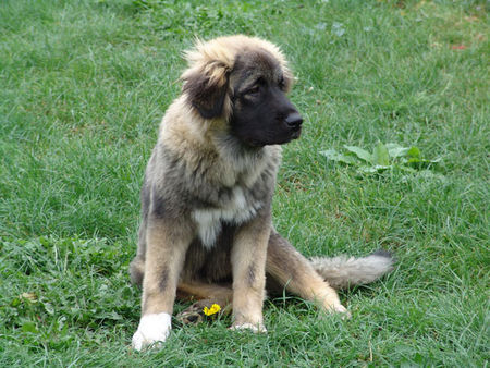 Kaukasischer Schäferhund Liza