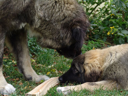 Kaukasischer Schäferhund Liza