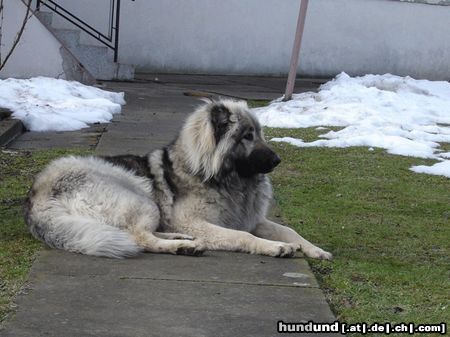 Kaukasischer Schäferhund Orka 1 jahr alt