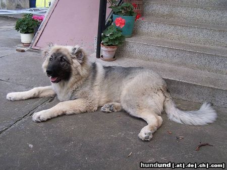 Kaukasischer Schäferhund Orka 6 Monate alt