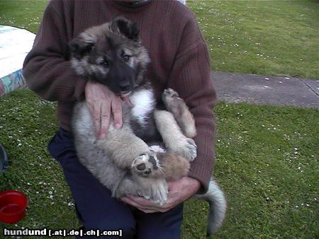 Kaukasischer Schäferhund Orka 2 monate alt