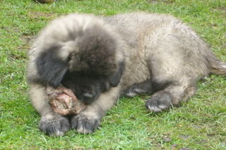 Kaukasischer Schäferhund Hera von der Rudeljahne - 8 Wochen