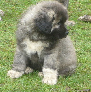 Kaukasischer Schäferhund Horus von der Rudeljahne - 9 Wochen