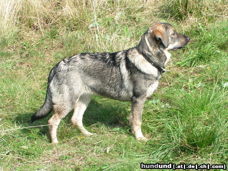 Kaukasischer Schäferhund Nellymaus heute (6monate papa labbi, mama kaukase)