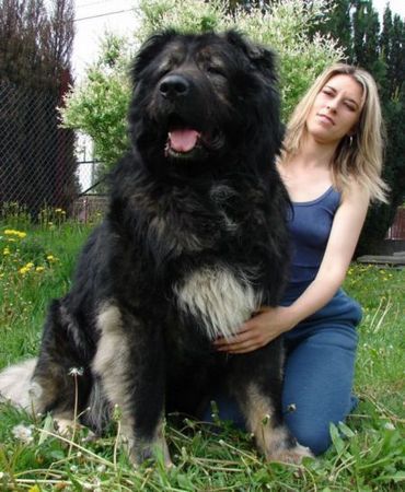 Kaukasischer Schäferhund Candidate Champion of Poland, Candidate International Champion, Polish Club Winner, Multi Best Male in Breed, Multi Best of Breed Winner Remeny Dombi BRUNO \\\\\\\\\\\\\\\\\\\\\\\\\\\\\\\\\\\\\\\\\\\\\\\\\\\\\\\\\\\\\\\\\\\\\\\\\\\\\\\\\\\\\\\\\\\\\\\\\\\\\\\\\\\\\\\\\\\\\\\\\\\\\\\\\\\\\\\\\\\\\\\\\\\\\\\\\\\\\\\\\\\\\\\\\\\\\\\\\\\\\\\\\\\\\\\\\\\\\\\\\\\\\\\\\\\\\\\\\\\\\\\\\\\\\\\\\\\\\\\\\\\\\\\\\\\\\\\\\\\\\\\\\\\\\\\\\\\\\\\\\\\\\\\\\\\\\\\\\\\\\\\\\\\\\\\\\\\\\\\\\\\\\\\\\\\\\\\\\\\\\\\\\\\\\\\\\\\\\\\\\\\\\\\\\\\\\\\\\\\\\\\\\\\\\\\\\\\\\\\\\\\\\\\\\\\\\\\\\\\\\\\\\\\\\\\\\\\\\\\\\\\\\\\\\\\\\\\\\\\\\\\\\\\\\\\\\\\\\\\\\\\\\\\\\\\\\\\\\\\\\\\\\\\\\\\\\\\\\\\\\\\\\\\\\\\\\\\\\\\\\\\\\\\\\\\\\\\\\\\\\\\\\\\\\\\\\\\\\\\\\\\\\\\\\\\\\\\\\\\\\\\\\\\\\\\\\\\\\\\\\\\\\\\\\\\\\\\\\\\\\\\\\\\\\\\\\\\\\\\\\\\\\\\\\\\\\\\\\\\\\\\\\\\\\\\\\\\\\\\\\\\\\\\\\\\\\\\\\\\\\\\\\\\\\\\\\\\\\\\\\\\\\\\\\\\\\\\\\\\\\\\\\\\\\\\\\\\\\\\\\\\\\\\\\\\\\\\\\\\\\\\\\\\\\\\\\\\\\\\\\\\\\\\\\\\\\\\\\\\\\\\\\\\\\\\\\\\\\\\\\\\\\\\\\\\\\\\\\\\\\\\\\\\\\\\\\\\\\\\\\\\\\\\\\\\\\\\\\\\\\\\\\\\\\\\\\\\\\\\\\\\\\\\\\\\\\\\\\\\\\\\\\\\\\\\\\\\\\\\\\\\\\\\\\\\\\\\\\\\\\\\\\\\\\\\\\\\\\\\\\\\\\\\\\\\\\\\\\\\\\\\\\\\\\\\\\\\\\\\\\\\\\\\\\\\\\\\\\\\\\\\\\\\\\\\\\\\\\\\\\\\\\\\\\\\\\\\\\\\\\\\\\\\\\\\\\\\\\\\\\\\\\\\\\\\\\\\\\\\\\\\\\\\\\\\\\\\\\\\\\\\\\\\\\\\\\\\\\\\\\\\\\\\\\\\\\\\\\\\\\\\\\\\\\\\\\\\\\\\\\\\\\\\\\\\\\\\\\\\\\\\\\\\\\\\\\\\\\\\\\\\\\\\\\\\\\\\\\\\\\\\\\\\\\\\\\\\\\\\\\\\\\\\\\\\\\\\\\\\\\\\\\\\\\\\\\\\\\\\\\\\\\\\\\\\\\\\\\\\\\\\\\\\\\\\\\\\\\\\\\\\\\\\\\\\\\\\\\\\\\\\\\\\\\\\\\\\\\\\\\\\\\\\\\\\\\\\\\\\\\\\\\\\\\\\\\\\\\\\\\\\\\\\\\\\\\\\\\\\\\\\\\\\\\\\\\\\\\\\\\\\\\\\\\\\\\\\\\\\\\\\\\\\\\\\\\\\\\\\\\\\\\\\\\\\\\\\\\\\\\\\\\\\\\\\\\\\\\\\\\\\\\\\\\\\\\\\\\\\\\\\\\\\\\\\\\\\\\\\\\\\\\\\\\\\\\\\\\\\\\\\\\\\\\\\\\\\\\\\\\\\\\\\\\\\\\\\\\\\\\\\\\\\\\\\\\\\\\\\\\\\\\\\\\\\\\\\\\\\\\\\\\\\\\\\\\\\\\\\\\\\\\\\\\\\\\\\\\\\\\\\\\\\\\\\\\\\\\\\\\\\\\\\\\\\\\\\\\\\\\\\\\\\\\\\\\\\\\\\\\\\\\\\\\\\\\\\\\\\\\\\\\\\\\\\\\\\\\\\\\\\\\\\\\\\\\\\\\\\\\\\\\\\\\\\\\\\\\\\\\\\\\\\\\\\\\\\\\\\\\\\\\\\\\\\\\\\\\\\\\\\\\\\\\\\\\\\\\\\\\\\\\\\\\\\\\\\\\\\\\\\\\\\\\\\\\\\\\\\\\\\\\\\\\\\\\\\\\\\\\\\\\\\\\\\\\\\\\\\\\\\\\\\\\\\\\\\\\\\\\\\\\\\\\\\\\\\\\\\\\\\\\\\\\\\\\\\\\\\\\\\\\\\\\\\\\\\\\\\\\\\\\\\\\\\\\\\\\\\\\\\\\\\\\\\\\\\\\\\\\\\\\\\\\\\\\\\\\\\\\\\\\\\\\\\\\\\\\\\\\\\\\\\\\\\\\\\\\\\\\\\\\\\\\\\\\\\\\\\\\\\\\\\\\\\\\\\\\\\\\\\\\\\\\\\\\\\\\\\\\\\\\\\\\\\\\\\\\\\\\\\\\\\\\\\\\\\\\\\\\\\\\\\\\\\\\\\\\\\\\\\\\\\\\\\\\\\\\\\\\\\\\\\\\\\\\\\\\\\\\\\\\\\\\\\\\\\\\\\\\\\\\\\\\\\\\\\\\\\\\\\\\\\\\\\\\\\\\\\\\\\\\\\\\\\\\\\\\\\\\\\\\\\\\\\\\\\\\\\\\\\\\\\\\\\\\\\\\\\\\\\\\\\\\\\\\\\\\\\\\\\\\\\\\\\\\\\\\\\\\\\\\\\\\\\\\\\\\\\\\\\\\\\\\\\\\\\\\\\\\\\\\\\\\\\\\\\\\\\\\\\\\\\\\\\\\\\\\\\\\\\\\\\\\\\\\\\\\\\\\\\\\\\\\\\\\\\\\\\\\\\\\\\\\\\\\\\\\\\\\\\\\\\\\\\\\\\\\\\\\\\\\\\\\\\\\\\\\\\\\\\\\\\\\\\\\\\\\\\\\\\\\\\\\\\\\\\\\\\\\\\\\\\\\\\\\\\\\\\\\\\\\\\\\\\\\\\\\\\\\\\\\\\\\\\\\\\\\\\\\\\\\\\\\\\\\\\\\\\\\\\\\\\\\\\\\\\\\\\\\\\\\\\\\\\\\\\\\\\\\\\\\\\\\\\\\\\\\\\\\\\\\\\\\\\\\\\\\\\\\\\\\\\\\\\\\\\\\\\\\\\\\\\\\\\\\\\\\\\\\\\\\\\\\\\\\\\\\\\\\\\\\\\\\\\\\\\\\\\\\\\\\\\\\\\\\\\\\\\\\\\\\\\\\\\\\\\\\\\\\\\\\\\\\\\\\\\\\\\\\\\\\\\\\\\\\\\\\\\\\\\\\\\\\\\\\\\\\\\\\\\\\\\\\\\\\\\\\\\\\\\\\\\\\\\\\\\\\\\\\\\\\\\\\\\\\\\\\\\\\\\\\\\\\\\\\\\\\\\\\\\\\\\\\\\\\\\\\\\\\\\\\\\\\\\\\\\\\\\\\\\\\\\\\\\\\\\\\\\\\\\\\\\\\\\\\\\\\\\\\\\\\\\\\\\\\\\\\\\\\\\\\\\\\\\\\\\\\\\\\\\\\\\\\\\\\\\\\\\\\\\\\\\\\\\\\\\\\\\\\\\\\\\\\\\\\\\\\\\\\\\\\\\\\\\\\\\\\\\\\\\\\\\\\\\\\\\\\\\\\\\\\\\\\\\\\\\\\\\\\\\\\\\\\\\\\\\\\\\\\\\\\\\\\\\\\\\\\\\\\\\\\\\\\\\\\\\\\\\\\\\\\\\\\\\\\\\\\\\\\\\\\\\\\\\\\\\\\\\\\\\\\\\\\\\\\\\\\\\\\\\\\\\\\\\\\\\\\\\\\\\\\\\\\\\\\\\\\\\\\\\\\\\\\\\\\\\\\\\\\\\\\\\\\\\\\\\\\\\\\\\\\\\\\\\\\\\\\\\\\\\\\\\\\\\\\\\\\\\\\\\\\\\\\\\\\\\\\\\\\\\\\\\\\\\\\\\\\\\\\\\\\\\\\\\\\\\\\\\\\\\\\\\\\\\\\\\\\\\\\\\\\\\\\\\\\\\\\\\\\\\\\\\\\\\\\\\\\\\\\\\\\\\\\\\\\\\\\\\\\\\\\\\\\\\\\\\\\\\\\\\\\\\\\\\\\\\\\\\\\\\\\\\\\\\\\\\\\\\\\\\\\\\\\\\\\\\\\\\\\\\\\\\\\\\\\\\\\\\\\\\\\\\\\\\\\\\\\\\\\\\\\\\\\\\\\\\\\\\\\\\\\\\\\\\\\\\\\\\\\\\\\\\\\\\\\\\\\\\\\\\\\\\\\\\\\\\\\\\\\\\\\\\\\\\\\\\\\\\\\\\\\\\\\\\\\\\\\\\\\\\\\\\\\\\\\\\\\\\\\\\\\\\\\\\\\\\\\\\\\\\\\\\\\\\\\\\\\\\\\\\\\\\\\\\\\\\\\\\\\\\\\\\\\\\\\\\\\\\\\\\\\\\\\\\\\\\\\\\\\\\\\\\\\\\\\\\\\\\\\\\\\\\\\\\\\\\\\\\\\\\\\\\\\\\\\\\\\\\\\\\\\\\\\\\\\\\\\\\\\\\\\\\\\\\\\\\\\\\\\\\\\\\\\\\\\\\\\\\\\\\\\\\\\\\\\\\\\\\\\\\\\\\\\\\\\\\\\\\\\\\\\\\\\\\\\\\\\\\\\\\\\\\\\\\\\\\\\\\\\\\\\\\\\\\\\\\\\\\\\\\\\\\\\\\\\\\\\\\\\\\\\\\\\\\\\\\\\\\\\\\\\\\\\\\\\\\\\\\\\\\\\\\\\\\\\\\\\\\\\\\\\\\\\\\\\\\\\\\\\\\\\\\\\\\\\\\\\\\\\\\\\\\\\\\\\\\\\\\\\\\\\\\\\\\\\\\\\\\\\\\\\\\\\\\\\\\\\\\\\\\\\\\\\\\\\\\\\\\\\\\\\\\\\\\\\\\\\\\\\\\\\\\\\\\\\\\\\\\\\\\\\\\\\\\\\\\\\\\\\\\\\\\\\\\\\\\\\\\\\\\\\\\\\\\\\\\\\\\\\\\\\\\\\\\\\\\\\\\\\\\\\\\\\\\\\\\\\\\\\\\\\\\\\\\\\\\\\\\\\\\\\\\\\\\\\\\\\\\\\\\\\\\\\\\\\\\\\\\\\\\\\\\\\\\\\\\\\\\\\\\\\\\\\\\\\\\\\\\\\\\\\\\\\\\\\\\\\\\\\\\\\\\\\\\\\\\\\\\\\\\\\\\\\\\\\\\\\\\\\\\\\\\\\\\\\\\\\\\\\\\\\\\\\\\\\\\\\\\\\\\\\\\\\\\\\\\\\\\\\\\\\\\\\\\\\\\\\\\\\\\\\\\\\\\\\\\\\\\\\\\\\\\\\\\\\\\\\\\\\\\\\\\\\\\\\\\\\\\\\\\\\\\\\\\\\\\\\\\\\\\\\\\\\\\\\\\\\\\\\\\\\\\\\\\\\\\\\\\\\\\\\\\\\\\\\\\\\\\\\\\\\\\\\\\\\\\\\\\\\\\\\\\\\\\\\\\\\\\\\\\\\\\\\\\\\\\\\\\\\\\\\\\\\\\\\\\\\\\\\\\\\\\\\\\\\\\\\\\\\\\\\\\\\\\\\\\\\\\\\\\\\\\\\\\\\\\\\\\\\\\\\\\\\\\\\\\\\\\\\\\\\\\\\\\\\\\\\\\\\\\\\\\\\\\\\\\\\\\\\\\\\\\\\\\\\\\\\\\\\\\\\\\\\\\\\\\\\\\\\\\\\\\\\\\\\\\\\\\\\\\\\\\\\\\\\\\\\\\\\\\\\\\\\\\\\\\\\\\\\\\\\\\\\\\\\\\\\\\\\\\\\\\\\\\\\\\\\\\\\\\\\\\\\\\\\\\\\\\\\\\\\\\\\\\\\\\\\\\\\\\\\\\\\\\\\\\\\\\\\\\\\\\\\\\\\\\\\\\\\\\\\\\\\\\\\\\\\\\\\\\\\\\\\\\\\\\\\\\\\\\\\\\\\\\\\\\\\\\\\\\\\\\\\\\\\\\\\\\\\\\\\\\\\\\\\\\\\\\\\\\\\\\\\\\\\\\\\\\\\\\\\\\\\\\\\\\\\\\\\\\\\\\\\\\\\\\\\\\\\\\\\\\\\\\\\\\\\\\\\\\\\\\\\\\\\\\\\\\\\\\\\\\\\\\\\\\\\\\\\\\\\\\\\\\\\\\\\\\\\\\\\\\\\\\\\\\\\\\\\\\\\\\\\\\\\\\\\\\\\\\\\\\\\\\\\\\\\\\\\\\\\\\\\\\\\\\\\\\\\\\\\\\\\\\\\\\\\\\\\\\\\\\\\\\\\\\\\\\\\\\\\\\\\\\\\\\\\\\\\\\\\\\\\\\\\\\\\\\\\\\\\\\\\\\\\\\\\\\\\\\\\\\\\\\\\\\\\\\\\\\\\\\\\\\\\\\\\\\\\\\\\\\\\\\\\\\\\\\\\\\\\\\\\\\\\\\\\\\\\\\\\\\\\\\\\\\\\\\\\\\\\\\\\\\\\\\\\\\\\\\\\\\\\\\\\\\\\\\\\\\\\\\\\\\\\\\\\\\\\\\\\\\\\\\\\\\\\\\\\\\\\\\\\\\\\\\\\\\\\\\\\\\\\\\\\\\\\\\\\\\\\\\\\\\\\\\\\\\\\\\\\\\\\\\\\\\\\\\\\\\\\\\\\\\\\\\\\\\\\\\\\\\\\\\\\\\\\\\\\\\\\\\\\\\\\\\\\\\\\\\\\\\\\\\\\\\\\\\\\\\\\\\\\\\\\\\\\\\\\\\\\\\\\\\\\\\\\\\\\\\\\\\\\\\\\\\\\\\\\\\\\\\\\\\\\\\\\\\\\\\\\\\\\\\\\\\\\\\\\\\\\\\\\\\\\\\\\\\\\\\\\\\\\\\\\\\\\\\\\\\\\\\\\\\\\\\\\\\\\\\\\\\\\\\\\\\\\\\\\\\\\\\\\\\\\\\\\\\\\\\\\\\\\\\\\\\\\\\\\\\\\\\\\\\\\\\\\\\\\\\\\\\\\\\\\\\\\\\\\\\\\\\\\\\\\\\\\\\\\\\\\\\\\\\\\\\\\\\\\\\\\\\\\\\\\\\\\\\\\\\\\\\\\\\\\\\\\\\\\\\\\\\\\\\\\\\\\\\\\\\\\\\\\\\\\\\\\\\\\\\\\\\\\\\\\\\\\\\\\\\\\\\\\\\\\\\\\\\\\\\\\\\\\\\\\\\\\\\\\\\\\\\\\\\\\\\\\\\\\\\\\\\\\\\\\\\\\\\\\\\\\\\\\\\\\\\\\\\\\\\\\\\\\\\\\\\\\\\\\\\\\\\\\\\\\\\\\\\\\\\\\\\\\\\\\\\\\\\\\\\\\\\\\\\\\\\\\\\\\\\\\\\\\\\\\\\\\\\\\\\\\\\\\\\\\\\\\\\\\\\\\\\\\\\\\\\\\\\\\\\\\\\\\\\\\\\\\\\\\\\\\\\\\\\\\\\\\\\\\\\\\\\\\\\\\\\\\\\\\\\\\\\\\\\\\\\\\\\\\\\\\\\\\\\\\\\\\\\\\\\\\\\\\\\\\\\\\\\\\\\\\\\\\\\\\\\\\\\\\\\\\\\\\\\\\\\\\\\\\\\\\\\\\\\\\\\\\\\\\\\\\\\\\\\\\\\\\\\\\\\\\\\\\\\\\\\\\\\\\\\\\\\\\\\\\\\\\\\\\\\\\\\\\\\\\\\\\\\\\\\\\\\\\\\\\\\\\\\\\\\\\\\\\\\\\\\\\\\\\\\\\\\\\\\\\\\\\\\\\\\\\\\\\\\\\\\\\\\\\\\\\\\\\\\\\\\\\\\\\\\\\\\\\\\\\\\\\\\\\\\\\\\\\\\\\\\\\\\\\\\\\\\\\\\\\\\\\\\\\\\\\\\\\\\\\\\\\\\\\\\\\\\\\\\\\\\\\\\\\\\\\\\\\\\\\\\\\\\\\\\\\\\\\\\\\\\\\\\\\\\\\\\\\\\\\\\\\\\\\\\\\\\\\\\\\\\\\\\\\\\\\\\\\\\\\\\\\\\\\\\\\\\\\\\\\\\\\\\\\\\\\\\\\\\\\\\\\\\\\\\\\\\\\\\\\\\\\\\\\\\\\\\\\\\\\\\\\\\\\\\\\\\\\\\\\\\\\\\\\\\\\\\\\\\\\\\\\\\\\\\\\\\\\\\\\\\\\\\\\\\\\\\\\\\\\\\\\\\\\\\\\\\\\\\\\\\\\\\\\\\\\\\\\\\\\\\\\\\\\\\\\\\\\\\\\\\\\\\\\\\\\\\\\\\\\\\\\\\\\\\\\\\\\\\\\\\\\\\\\\\\\\\\\\\\\\\\\\\\\\\\\\\\\\\\\\\\\\\\\\\\\\\\\\\\\\\\\\\\\\\\\\\\\\\\\\\\\\\\\\\\\\\\\\\\\\\\\\\\\\\\\\\\\\\\\\\\\\\\\\\\\\\\\\\\\\\\\\\\\\\\\\\\\\\\\\\\\\\\\\\\\\\\\\\\\\\\\\\\\\\\\\\\\\\\\\\\\\\\\\\\\\\\\\\\\\\\\\\\\\\\\\\\\\\\\\\\\\\\\\\\\\\\\\\\\\\\\\\\\\\\\\\\\\\\\\\\\\\\\\\\\\\\\\\\\\\\\\\\\\\\\\\\\\\\\\\\\\\\\\\\\\\\\\\\\\\\\\\\\\\\\\\\\\\\\\\\\\\\\\\\\\\\\\\\\\\\\\\\\\\\\\\\\\\\\\\\\\\\\\\\\\\\\\\\\\\\\\\\\\\\\\\\\\\\\\\\\\\\\\\\\\\\\\\\\\\\\\\\\\\\\\\\\\\\\\\\\\\\\\\\\\\\\\\\\\\\\\\\\\\\\\\\\\\\\\\\\\\\\\\\\\\\\\\\\\\\\\\\\\\\\\\\\\\\\\\\\\\\\\\\\\\\\\\\\\\\\\\\\\\\\\\\\\\\\\\\\\\\\\\\\\\\\\\\\\\\\\\\\\\\\\\\\\\\\\\\\\\\\\\\\\\\\\\\\\\\\\\\\\\\\\\\\\\\\\\\\\\\\\\\\\\\\\\\\\\\\\\\\\\\\\\\\\\\\\\\\\\\\\\\\\\\\\\\\\\\\\\\\\\\\\\\\\\\\\\\\\\\\\\\\\\\\\\\\\\\\\\\\\\\\\\\\\\\\\\\\\\\\\\\\\\\\\\\\\\\\\\\\\\\\\\\\\\\\\\\\\\\\\\\\\\\\\\\\\\\\\\\\\\\\\\\\\\\\\\\\\\\\\\\\\\\\\\\\\\\\\\\\\\\\\\\\\\\\\\\\\\\\\\\\\\\\\\\\\\\\\\\\\\\\\\\\\\\\\\\\\\\\\\\\\\\\\\\\\\\\\\\\\\\\\\\\\\\\\\\\\\\\\\\\\\\\\\\\\\\\\\\\\\\\\\\\\\\\\\\\\\\\\\\\\\\\\\\\\\\\\\\\\\\\\\\\\\\\\\\\\\\\\\\\\\\\\\\\\\\\\\\\\\\\\\\\\\\\\\\\\\\\\\\\\\\\\\\\\\\\\\\\\\\\\\\\\\\\\\\\\\\\\\\\\\\\\\\\\\\\\\\\\\\\\\\\\\\\\\\\\\\\\\\\\\\\\\\\\\\\\\\\\\\\\\\\\\\\\\\\\\\\\\\\\\\\\\\\\\\\\\\\\\\\\\\\\\\\\\\\\\\\\\\\\\\\\\\\\\\\\\\\\\\\\\\\\\\\\\\\\\\\\\\\\\\\\\\\\\\\\\\\\\\\\\\\\\\\\\\\\\\\\\\\\\\\\\\\\\\\\\\\\\\\\\\\\\\\\\\\\\\\\\\\\\\\\\\\\\\\\\\\\\\\\\\\\\\\\\\\\\\\\\\\\\\\\\\\\\\\\\\\\\\\\\\\\\\\\\\\\\\\\\\\\\\\\\\\\\\\\\\\\\\\\\\\\\\\\\\\\\\\\\\\\\\\\\\\\\\\\\\\\\\\\\\\\\\\\\\\\\\\\\\\\\\\\\\\\\\\\\\\\\\\\\\\\\\\\\\\\\\\\\\\\\\\\\\\\\\\\\\\\\\\\\\\\\\\\\\\\\\\\\\\\\\\\\\\\\\\\\\\\\\\\\\\\\\\\\\\\\\\\\\\\\\\\\\\\\\\\\\\\\\\\\\\\\\\\\\\\\\\\\\\\\\\\\\\\\\\\\\\\\\\\\\\\\\\\\\\\\\\\\\\\\\\\\\\\\\\\\\\\\\\\\\\\\\\\\\\\\\\\\\\\\\\\\\\\\\\\\\\\\\\\\\\\\\\\\\\\\\\\\\\\\\\\\\\\\\\\\\\\\\\\\\\\\\\\\\\\\\\\\\\\\\\\\\\\\\\\\\\\\\\\\\\\\\\\\\\\\\\\\\\\\\\\\\\\\\\\\\\\\\\\\\\\\\\\\\\\\\\\\\\\\\\\\\\\\\\\\\\\\\\\\\\\\\\\\\\\\\\\\\\\\\\\\\\\\\\\\\\\\\\\\\\\\\\\\\\\\\\\\\\\\\\\\\\\\\\\\\\\\\\\\\\\\\\\\\\\\\\\\\\\\\\\\\\\\\\\\\\\\\\\\\\\\\\\\\\\\\\\\\\\\\\\\\\\\\\\\\\\\\\\\\\\\\\\\\\\\\\\\\\\\\\\\\\\\\\\\\\\\\\\\\\\\\\\\\\\\\\\\\\\\\\\\\\\\\\\\\\\\\\\\\\\\\\\\\\\\\\\\\\\\\\\\\\\\\\\\\\\\\\\\\\\\\\\\\\\\\\\\\\\\\\\\\\\\\\\\\\\\\\\\\\\\\\\\\\\\\\\\\\\\\\\\\\\\\\\\\\\\\\\\\\\\\\\\\\\\\\\\\\\\\\\\\\\\\\\\\\\\\\\\\\\\\\\\\\\\\\\\\\\\\\\\\\\\\\\\\\\\\\\\\\\\\\\\\\\\\\\\\\\\\\\\\\\\\\\\\\\\\\\\\\\\\\\\\\\\\\\\\\\\\\\\\\\\\\\\\\\\\\\\\\\\\\\\\\\\\\\\\\\\\\\\\\\\\\\\\\\\\\\\\\\\\\\\\\\\\\\\\\\\\\\\\\\\\\\\\\\\\\\\\\\\\\\\\\\\\\\\\\\\\\\\\\\\\\\\\\\\\\\\\\\\\\\\\\\\\\\\\\\\\\\\\\\\\\\\\\\\\\\\\\\\\\\\\\\\\\\\\\\\\\\\\\\\\\\\\\\\\\\\\\\\\\\\\\\\\\\\\\\\\\\\\\\\\\\\\\\\\\\\\\\\\\\\\\\\\\\\\\\\\\\\\\\\\\\\\\\\\\\\\\\\\\\\\\\\\\\\\\\\\\\\\\\\\\\\\\\\\\\\\\\\\\\\\\\\\\\\\\\\\\\\\\\\\\\\\\\\\\\\\\\\\\\\\\\\\\\\\\\\\\\\\\\\\\\\\\\\\\\\\\\\\\\\\\\\\\\\\\\\\\\\\\\\\\\\\\\\\\\\\\\\\\\\\\\\\\\\\\\\\\\\\\\\\\\\\\\\\\\\\\\\\\\\\\\\\\\\\\\\\\\\\\\\\\\\\\\\\\\\\\\\\\\\\\\\\\\\\\\\\\\\\\\\\\\\\\\\\\\\\\\\\\\\\\\\\\\\\\\\\\\\\\\\\\\\\\\\\\\\\\\\\\\\\\\\\\\\\\\\\\\\\\\\\\\\\\\\\\\\\\\\\\\\\\\\\\\\\\\\\\\\\\\\\\\\\\\\\\\\\\\\\\\\\\\\\\\\\\\\\\\\\\\\\\\\\\\\\\\\\\\\\\\\\\\\\\\\\\\\\\\\\\\\\\\\\\\\\\\\\\\\\\\\\\\\\\\\\\\\\\\\\\\\\\\\\\\\\\\\\\\\\\\\\\\\\\\\\\\\\\\\\\\\\\\\\\\\\\\\\\\\\\\\\\\\\\\\\\\\\\\\\\\\\\\\\\\\\\\\\\\\\\\\\\\\\\\\\\\\\\\\\\\\\\\\\\\\\\\\\\\\\\\\\\\\\\\\\\\\\\\\\\\\\\\\\\\\\\\\\\\\\\\\\\\\\\\\\\\\\\\\\\\\\\\\\\\\\\\\\\\\\\\\\\\\\\\\\\\\\\\\\\\\\\\\\\\\\\\\\\\\\\\\\\\\\\\\\\\\\\\\\\\\\\\\\\\\\\\\\\\\\\\\\\\\\\\\\\\\\\\\\\\\\\\\\\\\\\\\\\\\\\\\\\\\\\\\\\\\\\\\\\\\\\\\\\\\\\\\\\\\\\\\\\\\\\\\\\\\\\\\\\\\\\\\\\\\\\\\\\\\\\\\\\\\\\\\\\\\\\\\\\\\\\\\\\\\\\\\\\\\\\\\\\\\\\\\\\\\\\\\\\\\\\\\\\\\\\\\\\\\\\\\\\\\\\\\\\\\\\\\\\\\\\\\\\\\\\\\\\\\\\\\\\\\\\\\\\\\\\\\\\\\\\\\\\\\\\\\\\\\\\\\\\\\\\\\\\\\\\\\\\\\\\\\\\\\\\\\\\\\\\\\\\\\\\\\\\\\\\\\\\\\\\\\\\\\\\\\\\\\\\\\\\\\\\\\\\\\\\\\\\\\\\\\\\\\\\\\\\\\\\\\\\\\\\\\\\\\\\\\\\\\\\\\\\\\\\\\\\\\\\\\\\\\\\\\\\\\\\\\\\\\\\\\\\\\\\\\\\\\\\\\\\\\\\\\\\\\\\\\\\\\\\\\\\\\\\\\\\\\\\\\\\\\\\\\\\\\\\\\\\\\\\\\\\\\\\\\\\\\\\\\\\\\\\\\\\\\\\\\\\\\\\\\\\\\\\\\\\\\\\\\\\\\\\\\\\\\\\\\\\\\\\\\\\\\\\\\\\\\\\\\\\\\\\\\\\\\\\\\\\\\\\\\\\\\\\\\\\\\\\\\\\\\\\\\\\\\\\\\\\\\\\\\\\\\\\\\\\\\\\\\\\\\\\\\\\\\\\\\\\\\\\\\\\\\\\\\\\\\\\\\\\\\\\\\\\\\\\\\\\\\\\\\\\\\\\\\\\\\\\\\\\\\\\\\\\\\\\\\\\\\\\\\\\\\\\\\\\\\\\\\\\\\\\\\\\\\\\\\\\\\\\\\\\\\\\\\\\\\\\\\\\\\\\\\\\\\\\\\\\\\\\\\\\\\\\\\\\\\\\\\\\\\\\\\\\\\\\\\\\\\\\\\\\\\\\\\\\\\\\\\\\\\\\\\\\\\\\\\\\\\\\\\\\\\\\\\\\\\\\\\\\\\\\\\\\\\\\\\\\\\\\\\\\\\\\\\\\\\\\\\\\\\\\\\\\\\\\\\\\\\\\\\\\\\\\\\\\\\\\\\\\\\\\\\\\\\\\\\\\\\\\\\\\\\\\\\\\\\\\\\\\\\\\\\\\\\\\\\\\\\\\\\\\\\\\\\\\\\\\\\\\\\\\\\\\\\\\\\\\\\\\\\\\\\\\\\\\\\\\\\\\\\\\\\\\\\\\\\\\\\\\\\\\\\\\\\\\\\\\\\\\\\\\\\\\\\\\\\\\\\\\\\\\\\\\\\\\\\\\\\\\\\\\\\\\\\\\\\\\\\\\\\\\\\\\\\\\\\\\\\\\\\\\\\\\\\\\\\\\\\\\\\\\\\\\\\\\\\\\\\\\\\\\\\\\\\\\\\\\\\\\\\\\\\\\\\\\\\\\\\\\\\\\\\\\\\\\\\\\\\\\\\\\\\\\\\\\\\\\\\\\\\\\\\\\\\\\\\\\\\\\\\\\\\\\\\\\\\\\\\\\\\\\\\\\\\\\\\\\\\\\\\\\\\\\\\\\\\\\\\\\\\\\\\\\\\\\\\\\\\\\\\\\\\\\\\\\\\\\\\\\\\\\\\\\\\\\\\\\\\\\\\\\\\\\\\\\\\\\\\\\\\\\\\\\\\\\\\\\\\\\\\\\\\\\\\\\\\\\\\\\\\\\\\\\\\\\\\\\\\\\\\\\\\\\\\\\\\\\\\\\\\\\\\\\\\\\\\\\\\\\\\\\\\\\\\\\\\\\\\\\\\\\\\\\\\\\\\\\\\\\\\\\\\\\\\\\\\\\\\\\\\\\\\\\\\\\\\\\\\\\\\\\\\\\\\\\\\\\\\\\\\\\\\\\\\\\\\\\\\\\\\\\\\\\\\\\\\\\\\\\\\\\\\\\\\\\\\\\\\\\\\\\\\\\\\\\\\\\\\\\\\\\\\\\\\\\\\\\\\\\\\\\\\\\\\\\\\\\\\\\\\\\\\\\\\\\\\\\\\\\\\\\\\\\\\\\\\\\\\\\\\\\\\\\\\\\\\\\\\\\\\\\\\\\\\\\\\\\\\\\\\\\\\\\\\\\\\\\\\\\\\\\\\\\\\\\\\\\\\\\\\\\\\\\\\\\\\\\\\\\\\\\\\\\\\\\\\\\\\\\\\\\\\\\\\\\\\\\\\\\\\\\\\\\\\\\\\\\\\\\\\\\\\\\\\\\\\\\\\\\\\\\\\\\\\\\\\\\\\\\\\\\\\\\\\\\\\\\\\\\\\\\\\\\\\\\\\\\\\\\\\\\\\\\\\\\\\\\\\\\\\\\\\\\\\\\\\\\\\\\\\\\\\\\\\\\\\\\\\\\\\\\\\\\\\\\\\\\\\\\\\\\\\\\\\\\\\\\\\\\\\\\\\\\\\\\\\\\\\\\\\\\\\\\\\\\\\\\\\\\\\\\\\\\\\\\\\\\\\\\\\\\\\\\\\\\\\\\\\\\\\\\\\\\\\\\\\\\\\\\\\\\\\\\\\\\\\\\\\\\\\\\\\\\\\\\\\\\\\\\\\\\\\\\\\\\\\\\\\\\\\\\\\\\\\\\\\\\\\\\\\\\\\\\\\\\\\\\\\\\\\\\\\\\\\\\\\\\\\\\\\\\\\\\\\\\\\\\\\\\\\\\\\\\\\\\\\\\\\\\\\\\\\\\\\\\\\\\\\\\\\\\\\\\\\\\\\\\\\\\\\\\\\\\\\\\\\\\\\\\\\\\\\\\\\\\\\\\\\\\\\\\\\\\\\\\\\\\\\\\\\\\\\\\\\\\\\\\\\\\\\\\\\\\\\\\\\\\\\\\\\\\\\\\\\\\\\\\\\\\\\\\\\\\\\\\\\\\\\\\\\\\\\\\\\\\\\\\\\\\\\\\\\\\\\\\\\\\\\\\\\\\\\\\\\\\\\\\\\\\\\\\\\\\\\\\\\\\\\\\\\\\\\\\\\\\\\\\\\\\\\\\\\\\\\\\\\\\\\\\\\\\\\\\\\\\\\\\\\\\\\\\\\\\\\\\\\\\\\\\\\\\\\\\\\\\\\\\\\\\\\\\\\\\\\\\\\\\\\\\\\\\\\\\\\\\\\\\\\\\\\\\\\\\\\\\\\\\\\\\\\\\\\\\\\\\\\\\\\\\\\\\\\\\\\\\\\\\\\\\\\\\\\\\\\\\\\\\\\\\\\\\\\\\\\\\\\\\\\\\\\\\\\\\\\\\\\\\\\\\\\\\\\\\\\\\\\\\\\\\\\\\\\\\\\\\\\\\\\\\\\\\\\\\\\\\\\\\\\\\\\\\\\\\\\\\\\\\\\\\\\\\\\\\\\\\\\\\\\\\\\\\\\\\\\\\\\\\\\\\\\\\\\\\\\\\\\\\\\\\\\\\\\\\\\\\\\\\\\\\\\\\\\\\\\\\\\\\\\\\\\\\\\\\\\\\\\\\\\\\\\\\\\\\\\\\\\\\\\\\\\\\\\\\\\\\\\\\\\\\\\\\\\\\\\\\\\\\\\\\\\\\\\\\\\\\\\\\\\\\\\\\\\\\\\\\\\\\\\\\\\\\\\\\\\\\\\\\\\\\\\\\\\\\\\\\\\\\\\\\\\\\\\\\\\\\\\\\\\\\\\\\\\\\\\\\\\\\\\\\\\\\\\\\\\\\\\\\\\\\\\\\\\\\\\\\\\\\\\\\\\\\\\\\\\\\\\\\\\\\\\\\\\\\\\\\\\\\\\\\\\\\\\\\\\\\\\\\\\\\\\\\\\\\\\\\\\\\\\\\\\\\\\\\\\\\\\\\\\\\\\\\\\\\\\\\\\\\\\\\\\\\\\\\\\\\\\\\\\\\\\\\\\\\\\\\\\\\\\\\\\\\\\\\\\\\\\\\\\\\\\\\\\\\\\\\\\\\\\\\\\\\\\\\\\\\\\\\\\\\\\\\\\\\\\\\\\\\\\\\\\\\\\\\\\\\\\\\\\\\\\\\\\\\\\\\\\\\\\\\\\\\\\\\\\\\\\\\\\\\\\\\\\\\\\\\\\\\\\\\\\\\\\\\\\\\\\\\\\\\\\\\\\\\\\\\\\\\\\\\\\\\\\\\\\\\\\\\\\\\\\\\\\\\\\\\\\\\\\\\\\\\\\\\\\\\\\\\\\\\\\\\\\\\\\\\\\\\\\\\\\\\\\\\\\\\\\\\\\\\\\\\\\\\\\\\\\\\\\\\\\\\\\\\\\\\\\\\\\\\\\\\\\\\\\\\\\\\\\\\\\\\\\\\\\\\\\\\\\\\\\\\\\\\\\\\\\\\\\\\\\\\\\\\\\\\\\\\\\\\\\\\\\\\\\\\\\\\\\\\\\\\\\\\\\\\\\\\\\\\\\\\\\\\\\\\\\\\\\\\\\\\\\\\\\\\\\\\\\\\\\\\\\\\\\\\\\\\\\\\\\\\\\\\\\\\\\\\\\\\\\\\\\\\\\\\\\\\\\\\\\\\\\\\\\\\\\\\\\\\\\\\\\\\\\\\\\\\\\\\\\\\\\\\\\\\\\\\\\\\\\\\\\\\\\\\\\\\\\\\\\\\\\\\\\\\\\\\\\\\\\\\\\\\\\\\\\\\\\\\\\\\\\\\\\\\\\\\\\\\\\\\\\\\\\\\\\\\\\\\\\\\\\\\\\\\\\\\\\\\\\\\\\\\\\\\\\\\\\\\\\\\\\\\\\\\\\\\\\\\\\\\\\\\\\\\\\\\\\\\\\\\\\\\\\\\\\\\\\\\\\\\\\\\\\\\\\\\\\\\\\\\\\\\\\\\\\\\\\\\\\\\\\\\\\\\\\\\\\\\\\\\\\\\\\\\\\\\\\\\\\\\\\\\\\\\\\\\\\\\\\\\\\\\\\\\\\\\\\\\\\\\\\\\\\\\\\\\\\\\\\\\\\\\\\\\\\\\\\\\\\\\\\\\\\\\\\\\\\\\\\\\\\\\\\\\\\\\\\\\\\\\\\\\\\\\\\\\\\\\\\\\\\\\\\\\\\\\\\\\\\\\\\\\\\\\\\\\\\\\\\\\\\\\\\\\\\\\\\\\\\\\\\\\\\\\\\\\\\\\\\\\\\\\\\\\\\\\\\\\\\\\\\\\\\\\\\\\\\\\\\\\\\\\\\\\\\\\\\\\\\\\\\\\\\\\\\\\\\\\\\\\\\\\\\\\\\\\\\\\\\\\\\\\\\\\\\\\\\\\\\\\\\\\\\\\\\\\\\\\\\\\\\\\\\\\\\\\\\\\\\\\\\\\\\\\\\\\\\\\\\\\\\\\\\\\\\\\\\\\\\\\\\\\\\\\\\\\\\\\\\\\\\\\\\\\\\\\\\\\\\\\\\\\\\\\\\\\\\\\\\\\\\\\\\\\\\\\\\\\\\\\\\\\\\\\\\\\\\\\\\\\\\\\\\\\\\\\\\\\\\\\\\\\\\\\\\\\\\\\\\\\\\\\\\\\\\\\\\\\\\\\\\\\\\\\\\\\\\\\\\\\\\\\\\\\\\\\\\\\\\\\\\\\\\\\\\\\\\\\\\\\\\\\\\\\\\\\\\\\\\\\\\\\\\\\\\\\\\\\\\\\\\\\\\\\\\\\\\\\\\\\\\\\\\\\\\\\\\\\\\\\\\\\\\\\\\\\\\\\\\\\\\\\\\\\\\\\\\\\\\\\\\\\\\\\\\\\\\\\\\\\\\\\\\\\\\\\\\\\\\\\\\\\\\\\\\\\\\\\\\\\\\\\\\\\\\\\\\\\\\\\\\\\\\\\\\\\\\\\\\\\\\\\\\\\\\\\\\\\\\\\\\\\\\\\\\\\\\\\\\\\\\\\\\\\\\\\\\\\\\\\\\\\\\\\\\\\\\\\\\\\\\\\\\\\\\\\\\\\\\\\\\\\\\\\\\\\\\\\\\\\\\\\\\\\\\\\\\\\\\\\\\\\\\\\\\\\\\\\\\\\\\\\\\\\\\\\\\\\\\\\\\\\\\\\\\\\\\\\\\\\\\\\\\\\\\\\\\\\\\\\\\\\\\\\\\\\\\\\\\\\\\\\\\\\\\\\\\\\\\\\\\\\\\\\\\\\\\\\\\\\\\\\\\\\\\\\\\\\\\\\\\\\\\\\\\\\\\\\\\\\\\\\\\\\\\\\\\\\\\\\\\\\\\\\\\\\\\\\\\\\\\\\\\\\\\\\\\\\\\\\\\\\\\\\\\\\\\\\\\\\\\\\\\\\\\\\\\\\\\\\\\\\\\\\\\\\\\\\\\\\\\\\\\\\\\\\\\\\\\\\\\\\\\\\\\\\\\\\\\\\\\\\\\\\\\\\\\\\\\\\\\\\\\\\\\\\\\\\\\\\\\\\\\\\\\\\\\\\\\\\\\\\\\\\\\\\\\\\\\\\\\\\\\\\\\\\\\\\\\\\\\\\\\\\\\\\\\\\\\\\\\\\\\\\\\\\\\\\\\\\\\\\\\\\\\\\\\\\\\\\\\\\\\\\\\\\\\\\\\\\\\\\\\\\\\\\\\\\\\\\\\\\\\\\\\\\\\\\\\\\\\\\\\\\\\\\\\\\\\\\\\\\\\\\\\\\\\\\\\\\\\\\\\\\\\\\\\\\\\\\\\\\\\\\\\\\\\\\\\\\\\\\\\\\\\\\\\\\\\\\\\\\\\\\\\\\\\\\\\\\\\\\\\\\\\\\\\\\\\\\\\\\\\\\\\\\\\\\\\\\\\\\\\\\\\\\\\\\\\\\\\\\\\\\\\\\\\\\\\\\\\\\\\\\\\\\\\\\\\\\\\\\\\\\\\\\\\\\\\\\\\\\\\\\\\\\\\\\\\\\\\\\\\\\\\\\\\\\\\\\\\\\\\\\\\\\\\\\\\\\\\\\\\\\\\\\\\\\\\\\\\\\\\\\\\\\\\\\\\\\\\\\\\\\\\\\\\\\\\\\\\\\\\\\\\\\\\\\\\\\\\\\\\\\\\\\\\\\\\\\\\\\\\\\\\\\\\\\\\\\\\\\\\\\\\\\\\\\\\\\\\\\\\\\\\\\\\\\\\\\\\\\\\\\\\\\\\\\\\\\\\\\\\\\\\\\\\\\\\\\\\\\\\\\\\\\\\\\\\\\\\\\\\\\\\\\\\\\\\\\\\\\\\\\\\\\\\\\\\\\\\\\\\\\\\\\\\\\\\\\\\\\\\\\\\\\\\\\\\\\\\\\\\\\\\\\\\\\\\\\\\\\\\\\\\\\\\\\\\\\\\\\\\\\\\\\\\\\\\\\\\\\\\\\\\\\\\\\\\\\\\\\\\\\\\\\\\\\\\\\\\\\\\\\\\\\\\\\\\\\\\\\\\\\\\\\\\\\\\\\\\\\\\\\\\\\\\\\\\\\\\\\\\\\\\\\\\\\\\\\\\\\\\\\\\\\\\\\\\\\\\\\\\\\\\\\\\\\\\\\\\\\\\\\\\\\\\\\\\\\\\\\\\\\\\\\\\\\\\\\\\\\\\\\\\\\\\\\\\\\\\\\\\\\\\\\\\\\\\\\\\\\\\\\\\\\\\\\\\\\\\\\\\\\\\\\\\\\\\\\\\\\\\\\\\\\\\\\\\\\\\\\\\\\\\\\\\\\\\\\\\\\\\\\\\\\\\\\\\\\\\\\\\\\\\\\\\\\\\\\\\\\\\\\\\\\\\\\\\\\\\\\\\\\\\\\\\\\\\\\\\\\\\\\\\\\\\\\\\\\\\\\\\\\\\\\\\\\\\\\\\\\\\\\\\\\\\\\\\\\\\\\\\\\\\\\\\\\\\\\\\\\\\\\\\\\\\\\\\\\\\\\\\\\\\\\\\\\\\\\\\\\\\\\\\\\\\\\\\\\\\\\\\\\\\\\\\\\\\\\\\\\\\\\\\\\\\\\\\\\\\\\\\\\\\\\\\\\\\\\\\\\\\\\\\\\\\\\\\\\\\\\\\\\\\\\\\\\\\\\\\\\\\\\\\\\\\\\\\\\\\\\\\\\\\\\\\\\\\\\\\\\\\\\\\\\\\\\\\\\\\\\\\\\\\\\\\\\\\\\\\\\\\\\\\\\\\\\\\\\\\\\\\\\\\\\\\\\\\\\\\\\\\\\\\\\\\\\\\\\\\\\\\\\\\\\\\\\\\\\\\\\\\\\\\\\\\\\\\\\\\\\\\\\\\\\\\\\\\\\\\\\\\\\\\\\\\\\\\\\\\\\\\\\\\\\\\\\\\\\\\\\\\\\\\\\\\\\\\\\\\\\\\\\\\\\\\\\\\\\\\\\\\\\\\\\\\\\\\\\\\\\\\\\\\\\\\\\\\\\\\\\\\\\\\\\\\\\\\\\\\\\\\\\\\\\\\\\\\\\\\\\\\\\\\\\\\\\\\\\\\\\\\\\\\\\\\\\\\\\\\\\\\\\\\\\\\\\\\\\\\\\\\\\\\\\\\\\\\\\\\\\\\\\\\\\\\\\\\\\\\\\\\\\\\\\\\\\\\\\\\\\\\\\\\\\\\\\\\\\\\\\\\\\\\\\\\\\\\\\\\\\\\\\\\\\\\\\\\\\\\\\\\\\\\\\\\\\\\\\\\\\\\\\\\\\\\\\\\\\\\\\\\\\\\\\\\\\\\\\\\\\\\\\\\\\\\\\\\\\\\\\\\\\\\\\\\\\\\\\\\\\\\\\\\\\\\\\\\\\\\\\\\\\\\\\\\\\\\\\\\\\\\\\\\\\\\\\\\\\\\\\\\\\\\\\\\\\\\\\\\\\\\\\\\\\\\\\\\\\\\\\\\\\\\\\\\\\\\\\\\\\\\\\\\\\\\\\\\\\\\\\\\\\\\\\\\\\\\\\\\\\\\\\\\\\\\\\\\\\\\\\\\\\\\\\\\\\\\\\\\\\\\\\\\\\\\\\\\\\\\\\\\\\\\\\\\\\\\\\\\\\\\\\\\\\\\\\\\\\\\\\\\\\\\\\\\\\\\\\\\\\\\\\\\\\\\\\\\\\\\\\\\\\\\\\\\\\\\\\\\\\\\\\\\\\\\\\\\\\\\\\\\\\\\\\\\\\\\\\\\\\\\\\\\\\\\\\\\\\\\\\\\\\\\\\\\\\\\\\\\\\\\\\\\\\\\\\\\\\\\\\\\\\\\\\\\\\\\\\\\\\\\\\\\\\\\\\\\\\\\\\\\\\\\\\\\\\\\\\\\\\\\\\\\\\\\\\\\\\\\\\\\\\\\\\\\\\\\\\\\\\\\\\\\\\\\\\\\\\\\\\\\\\\\\\\\\\\\\\\\\\\\\\\\\\\\\\\\\\\\\\\\\\\\\\\\\\\\\\\\\\\\\\\\\\\\\\\\\\\\\\\\\\\\\\\\\\\\\\\\\\\\\\\\\\\\\\\\\\\\\\\\\\\\\\\\\\\\\\\\\\\\\\\\\\\\\\\\\\\\\\\\\\\\\\\\\\\\\\\\\\\\\\\\\\\\\\\\\\\\\\\\\\\\\\\\\\\\\\\\\\\\\\\\\\\\\\\\\\\\\\\\\\\\\\\\\\\\\\\\\\\\\\\\\\\\\\\\\\\\\\\\\\\\\\\\\\\\\\\\\\\\\\\\\\\\\\\\\\\\\\\\\\\\\\\\\\\\\\\\\\\\\\\\\\\\\\\\\\\\\\\\\\\\\\\\\\\\\\\\\\\\\\\\\\\\\\\\\\\\\\\\\\\\\\\\\\\\\\\\\\\\\\\\\\\\\\\\\\\\\\\\\\\\\\\\\\\\\\\\\\\\\\\\\\\\\\\\\\\\\\\\\\\\\\\\\\\\\\\\\\\\\\\\\\\\\\\\\\\\\\\\\\\\\\\\\\\\\\\\\\\\\\\\\\\\\\\\\\\\\\\\\\\\\\\\\\\\\\\\\\\\\\\\\\\\\\\\\\\\\\\\\\\\\\\\\\\\\\\\\\\\\\\\\\\\\\\\\\\\\\\\\\\\\\\\\\\\\\\\\\\\\\\\\\\\\\\\\\\\\\\\\\\\\\\\\\\\\\\\\\\\\\\\\\\\\\\\\\\\\\\\\\\\\\\\\\\\\\\\\\\\\\\\\\\\\\\\\\\\\\\\\\\\\\\\\\\\\\\\\\\\\\\\\\\\\\\\\\\\\\\\\\\\\\\\\\\\\\\\\\\\\\\\\\\\\\\\\\\\\\\\\\\\\\\\\\\\\\\\\\\\\\\\\\\\\\\\\\\\\\\\\\\\\\\\\\\\\\\\\\\\\\\\\\\\\\\\\\\\\\\\\\\\\\\\\\\\\\\\\\\\\\\\\\\\\\\\\\\\\\\\\\\\\\\\\\\\\\\\\\\\\\\\\\\\\\\\\\\\\\\\\\\\\\\\\\\\\\\\\\\\\\\\\\\\\\\\\\\\\\\\\\\\\\\\\\\\\\\\\\\\\\\\\\\\\\\\\\\\\\\\\\\\\\\\\\\\\\\\\\\\\\\\\\\\\\\\\\\\\\\\\\\\\\\\\\\\\\\\\\\\\\\\\\\\\\\\\\\\\\\\\\\\\\\\\\\\\\\\\\\\\\\\\\\\\\\\\\\\\\\\\\\\\\\\\\\\\\\\\\\\\\\\\\\\\\\\\\\\\\\\\\\\\\\\\\\\\\\\\\\\\\\\\\\\\\\\\\\\\\\\\\\\\\\\\\\\\\\\\\\\\\\\\\\\\\\\\\\\\\\\\\\\\\\\\\\\\\\\\\\\\\\\\\\\\\\\\\\\\\\\\\\\\\\\\\\\\\\\\\\\\\\\\\\\\\\\\\\\\\\\\\\\\\\\\\\\\\\\\\\\\\\\\\\\\\\\\\\\\\\\\\\\\\\\\\\\\\\\\\\\\\\\\\\\\\\\\\\\\\\\\\\\\\\\\\\\\\\\\\\\\\\\\\\\\\\\\\\\\\\\\\\\\\\\\\\\\\\\\\\\\\\\\\\\\\\\\\\\\\\\\\\\\\\\\\\\\\\\\\\\\\\\\\\\\\\\\\\\\\\\\\\\\\\\\\\\\\\\\\\\\\\\\\\\\\\\\\\\\\\\\\\\\\\\\\\\\\\\\\\\\\\\\\\\\\\\\\\\\\\\\\\\\\\\\\\\\\\\\\\\\\\\\\\\\\\\\\\\\\\\\\\\\\\\\\\\\\\\\\\\\\\\\\\\\\\\\\\\\\\\\\\\\\\\\\\\\\\\\\\\\\\\\\\\\\\\\\\\\\\\\\\\\\\\\\\\\\\\\\\\\\\\\\\\\\\\\\\\\\\\\\\\\\\\\\\\\\\\\\\\\\\\\\\\\\\\\\\\\\\\\\\\\\\\\\\\\\\\\\\\\\\\\\\\\\\\\\\\\\\\\\\\\\\\\\\\\\\\\\\\\\\\\\\\\\\\\\\\\\\\\\\\\\\\\\\\\\\\\\\\\\\\\\\\\\\\\\\\\\\\\\\\\\\\\\\\\\\\\\\\\\\\\\\\\\\\\\\\\\\\\\\\\\\\\\\\\\\\\\\\\\\\\\\\\\\\\\\\\\\\\\\\\\\\\\\\\\\\\\\\\\\\\\\\\\\\\\\\\\\\\\\\\\\\\\\\\\\\\\\\\\\\\\\\\\\\\\\\\\\\\\\\\\\\\\\\\\\\\\\\\\\\\\\\\\\\\\\\\\\\\\\\\\\\\\\\\\\\\\\\\\\\\\\\\\\\\\\\\\\\\\\\\\\\\\\\\\\\\\\\\\\\\\\\\\\\\\\\\\\\\\\\\\\\\\\\\\\\\\\\\\\\\\\\\\\\\\\\\\\\\\\\\\\\\\\\\\\\\\\\\\\\\\\\\\\\\\\\\\\\\\\\\\\\\\\\\\\\\\\\\\\\\\\\\\\\\\\\\\\\\\\\\\\\\\\\\\\\\\\\\\\\\\\\\\\\\\\\\\\\\\\\\\\\\\\\\\\\\\\\\\\\\\\\\\\\\\\\\\\\\\\\\\\\\\\\\\\\\\\\\\\\\\\\\\\\\\\\\\\\\\\\\\\\\\\\\\\\\\\\\\\\\\\\\\\\\\\\\\\\\\\\\\\\\\\\\\\\\\\\\\\\\\\\\\\\\\\\\\\\\\\\\\\\\\\\\\\\\\\\\\\\\\\\\\\\\\\\\\\\\\\\\\\\\\\\\\\\\\\\\\\\\\\\\\\\\\\\\\\\\\\\\\\\\\\\\\\\\\\\\\\\\\\\\\\\\\\\\\\\\\\\\\\\\\\\\\\\\\\\\\\\\\\\\\\\\\\\\\\\\\\\\\\\\\\\\\\\\\\\\\\\\\\\\\\\\\\\\\\\\\\\\\\\\\\\\\\\\\\\\\\\\\\\\\\\\\\\\\\\\\\\\\\\\\\\\\\\\\\\\\\\\\\\\\\\\\\\\\\\\\\\\\\\\\\\\\\\\\\\\\\\\\\\\\\\\\\\\\\\\\\\\\\\\\\\\\\\\\\\\\\\\\\\\\\\\\\\\\\\\\\\\\\\\\\\\\\\\\\\\\\\\\\\\\\\\\\\\\\\\\\\\\\\\\\\\\\\\\\\\\\\\\\\\\\\\\\\\\\\\\\\\\\\\\\\\\\\\\\\\\\\\\\\\\\\\\\\\\\\\\\\\\\\\\\\\\\\\\\\\\\\\\\\\\\\\\\\\\\\\\\\\\\\\\\\\\\\\\\\\\\\\\\\\\\\\\\\\\\\\\\\\\\\\\\\\\\\\\\\\\\\\\\\\\\\\\\\\\\\\\\\\\\\\\\\\\\\\\\\\\\\\\\\\\\\\\\\\\\\\\\\\\\\\\\\\\\\\\\\\\\\\\\\\\\\\\\\\\\\\\\\\\\\\\\\\\\\\\\\\\\\\\\\\\\\\\\\\\\\\\\\\\\\\\\\\\\\\\\\\\\\\\\\\\\\\\\\\\\\\\\\\\\\\\\\\\\\\\\\\\\\\\\\\\\\\\\\\\\\\\\\\\\\\\\\\\\\\\\\\\\\\\\\\\\\\\\\\\\\\\\\\\\\\\\\\\\\\\\\\\\\\\\\\\\\\\\\\\\\\\\\\\\\\\\\\\\\\\\\\\\\\\\\\\\\\\\\\\\\\\\\\\\\\\\\\\\\\\\\\\\\\\\\\\\\\\\\\\\\\\\\\\\\\\\\\\\\\\\\\\\\\\\\\\\\\\\\\\\\\\\\\\\\\\\\\\\\\\\\\\\\\\\\\\\\\\\\\\\\\\\\\\\\\\\\\\\\\\\\\\\\\\\\\\\\\\\\\\\\\\\\\\\\\\\\\\\\\\\\\\\\\\\\\\\\\\\\\\\\\\\\\\\\\\\\\\\\\\\\\\\\\\\\\\\\\\\\\\\\\\\\\\\\\\\\\\\\\\\\\\\\\\\\\\\\\\\\\\\\\\\\\\\\\\\\\\\\\\\\\\\\\\\\\\\\\\\\\\\\\\\\\\\\\\\\\\\\\\\\\\\\\\\\\\\\\\\\\\\\\\\\\\\\\\\\\\\\\\\\\\\\\\\\\\\\\\\\\\\\\\\\\\\\\\\\\\\\\\\\\\\\\\\\\\\\\\\\\\\\\\\\\\\\\\\\\\\\\\\\\\\\\\\\\\\\\\\\\\\\\\\\\\\\\\\\\\\\\\\\\\\\\\\\\\\\\\\\\\\\\\\\\\\\\\\\\\\\\\\\\\\\\\\\\\\\\\\\\\\\\\\\\\\\\\\\\\\\\\\\\\\\\\\\\\\\\\\\\\\\\\\\\\\\\\\\\\\\\\\\\\\\\\\\\\\\\\\\\\\\\\\\\\\\\\\\\\\\\\\\\\\\\\\\\\\\\\\\\\\\\\\\\\\\\\\\\\\\\\\\\\\\\\\\\\\\\\\\\\\\\\\\\\\\\\\\\\\\\\\\\\\\\\\\\\\\\\\\\\\\\\\\\\\\\\\\\\\\\\\\\\\\\\\\\\\\\\\\\\\\\\\\\\\\\\\\\\\\\\\\\\\\\\\\\\\\\\\\\\\\\\\\\\\\\\\\\\\\\\\\\\\\\\\\\\\\\\\\\\\\\\\\\\\\\\\\\\\\\\\\\\\\\\\\\\\\\\\\\\\\\\\\\\\\\\\\\\\\\\\\\\\\\\\\\\\\\\\\\\\\\\\\\\\\\\\\\\\\\\\\\\\\\\\\\\\\\\\\\\\\\\\\\\\\\\\\\\\\\\\\\\\\\\\\\\\\\\\\\\\\\\\\\\\\\\\\\\\\\\\\\\\\\\\\\\\\\\\\\\\\\\\\\\\\\\\\\\\\\\\\\\\\\\\\\\\\\\\\\\\\\\\\\\\\\\\\\\\\\\\\\\\\\\\\\\\\\\\\\\\\\\\\\\\\\\\\\\\\\\\\\\\\\\\\\\\\\\\\\\\\\\\\\\\\\\\\\\\\\\\\\\\\\\\\\\\\\\\\\\\\\\\\\\\\\\\\\\\\\\\\\\\\\\\\\\\\\\\\\\\\\\\\\\\\\\\\\\\\\\\\\\\\\\\\\\\\\\\\\\\\\\\\\\\\\\\\\\\\\\\\\\\\\\\\\\\\\\\\\\\\\\\\\\\\\\\\\\\\\\\\\\\\\\\\\\\\\\\\\\\\\\\\\\\\\\\\\\\\\\\\\\\\\\\\\\\\\\\\\\\\\\\\\\\\\\\\\\\\\\\\\\\\\\\\\\\\\\\\\\\\\\\\\\\\\\\\\\\\\\\\\\\\\\\\\\\\\\\\\\\\\\\\\\\\\\\\\\\\\\\\\\\\\\\\\\\\\\\\\\\\\\\\\\\\\\\\\\\\\\\\\\\\\\\\\\\\\\\\\\\\\\\\\\\\\\\\\\\\\\\\\\\\\\\\\\\\\\\\\\\\\\\\\\\\\\\\\\\\\\\\\\\\\\\\\\\\\\\\\\\\\\\\\\\\\\\\\\\\\\\\\\\\\\\\\\\\\\\\\\\\\\\\\\\\\\\\\\\\\\\\\\\\\\\\\\\\\\\\\\\\\\\\\\\\\\\\\\\\\\\\\\\\\\\\\\\\\\\\\\\\\\\\\\\\\\\\\\\\\\\\\\\\\\\\\\\\\\\\\\\\\\\\\\\\\\\\\\\\\\\\\\\\\\\\\\\\\\\\\\\\\\\\\\\\\\\\\\\\\\\\\\\\\\\\\\\\\\\\\\\\\\\\\\\\\\\\\\\\\\\\\\\\\\\\\\\\\\\\\\\\\\\\\\\\\\\\\\\\\\\\\\\\\\\\\\\\\\\\\\\\\\\\\\\\\\\\\\\\\\\\\\\\\\\\\\\\\\\\\\\\\\\\\\\\\\\\\\\\\\\\\\\\\\\\\\\\\\\\\\\\\\\\\\\\\\\\\\\\\\\\\\\\\\\\\\\\\\\\\\\\\\\\\\\\\\\\\\\\\\\\\\\\\\\\\\\\\\\\\\\\\\\\\\\\\\\\\\\\\\\\\\\\\\\\\\\\\\\\\\\\\\\\\\\\\\\\\\\\\\\\\\\\\\\\\\\\\\\\\\\\\\\\\\\\\\\\\\\\\\\\\\\\\\\\\\\\\\\\\\\\\\\\\\\\\\\\\\\\\\\\\\\\\\\\\\\\\\\\\\\\\\\\\\\\\\\\\\\\\\\\\\\\\\\\\\\\\\\\\\\\\\\\\\\\\\\\\\\\\\\\\\\\\\\\\\\\\\\\\\\\\\\\\\\\\\\\\\\\\\\\\\\\\\\\\\\\\\\\\\\\\\\\\\\\\\\\\\\\\\\\\\\\\\\\\\\\\\\\\\\\\\\\\\\\\\\\\\\\\\\\\\\\\\\\\\\\\\\\\\\\\\\\\\\\\\\\\\\\\\\\\\\\\\\\\\\\\\\\\\\\\\\\\\\\\\\\\\\\\\\\\\\\\\\\\\\\\\\\\\\\\\\\\\\\\\\\\\\\\\\\\\\\\\\\\\\\\\\\\\\\\\\\\\\\\\\\\\\\\\\\\\\\\\\\\\\\\\\\\\\\\\\\\\\\\\\\\\\\\\\\\\\\\\\\\\\\\\\\\\\\\\\\\\\\\\\\\\\\\\\\\\\\\\\\\\\\\\\\\\\\\\\\\\\\\\\\\\\\\\\\\\\\\\\\\\\\\\\\\\\\\\\\\\\\\\\\\\\\\\\\\\\\\\\\\\\\\\\\\\\\\\\\\\\\\\\\\\\\\\\\\\\\\\\\\\\\\\\\\\\\\\\\\\\\\\\\\\\\\\\\\\\\\\\\\\\\\\\\\\\\\\\\\\\\\\\\\\\\\\\\\\\\\\\\\\\\\\\\\\\\\\\\\\\\\\\\\\\\\\\\\\\\\\\\\\\\\\\\\\\\\\\\\\\\\\\\\\\\\\\\\\\\\\\\\\\\\\\\\\\\\\\\\\\\\\\\\\\\\\\\\\\\\\\\\\\\\\\\\\\\\\\\\\\\\\\\\\\\\\\\\\\\\\\\\\\\\\\\\\\\\\\\\\\\\\\\\\\\\\\\\\\\\\\\\\\\\\\\\\\\\\\\\\\\\\\\\\\\\\\\\\\\\\\\\\\\\\\\\\\\\\\\\\\\\\\\\\\\\\\\\\\\\\\\\\\\\\\\\\\\\\\\\\\\\\\\\\\\\\\\\\\\\\\\\\\\\\\\\\\\\\\\\\\\\\\\\\\\\\\\\\\\\\\\\\\\\\\\\\\\\\\\\\\\\\\\\\\\\\\\\\\\\\\\\\\\\\\\\\\\\\\\\\\\\\\\\\\\\\\\\\\\\\\\\\\\\\\\\\\\\\\\\\\\\\\\\\\\\\\\\\\\\\\\\\\\\\\\\\\\\\\\\\\\\\\\\\\\\\\\\\\\\\\\\\\\\\\\\\\\\\\\\\\\\\\\\\\\\\\\\\\\\\\\\\\\\\\\\\\\\\\\\\\\\\\\\\\\\\\\\\\\\\\\\\\\\\\\\\\\\\\\\\\\\\\\\\\\\\\\\\\\\\\\\\\\\\\\\\\\\\\\\\\\\\\\\\\\\\\\\\\\\\\\\\\\\\\\\\\\\\\\\\\\\\\\\\\\\\\\\\\\\\\\\\\\\\\\\\\\\\\\\\\\\\\\\\\\\\\\\\\\\\\\\\\\\\\\\\\\\\\\\\\\\\\\\\\\\\\\\\\\\\\\\\\\\\\\\\\\\\\\\\\\\\\\\\\\\\\\\\\\\\\\\\\\\\\\\\\\\\\\\\\\\\\\\\\\\\\\\\\\\\\\\\\\\\\\\\\\\\\\\\\\\\\\\\\\\\\\\\\\\\\\\\\\\\\\\\\\\\\\\\\\\\\\\\\\\\\\\\\\\\\\\\\\\\\\\\\\\\\\\\\\\\\\\\\\\\\\\\\\\\\\\\\\\\\\\\\\\\\\\\\\\\\\\\\\\\\\\\\\\\\\\\\\\\\\\\\\\\\\\\\\\\\\\\\\\\\\\\\\\\\\\\\\\\\\\\\\\\\\\\\\\\\\\\\\\\\\\\\\\\\\\\\\\\\\\\\\\\\\\\\\\\\\\\\\\\\\\\\\\\\\\\\\\\\\\\\\\\\\\\\\\\\\\\\\\\\\\\\\\\\\\\\\\\\\\\\\\\\\\\\\\\\\\\\\\\\\\\\\\\\\\\\\\\\\\\\\\\\\\\\\\\\\\\\\\\\\\\\\\\\\\\\\\\\\\\\\\\\\\\\\\\\\\\\\\\\\\\\\\\\\\\\\\\\\\\\\\\\\\\\\\\\\\\\\\\\\\\\\\\\\\\\\\\\\\\\\\\\\\\\\\\\\\\\\\\\\\\\\\\\\\\\\\\\\\\\\\\\\\\\\\\\\\\\\\\\\\\\\\\\\\\\\\\\\\\\\\\\\\\\\\\\\\\\\\\\\\\\\\\\\\\\\\\\\\\\\\\\\\\\\\\\\\\\\\\\\\\\\\\\\\\\\\\\\\\\\\\\\\\\\\\\\\\\\\\\\\\\\\\\\\\\\\\\\\\\\\\\\\\\\\\\\\\\\\\\\\\\\\\\\\\\\\\\\\\\\\\\\\\\\\\\\\\\\\\\\\\\\\\\\\\\\\\\\\\\\\\\\\\\\\\\\\\\\\\\\\\\\\\\\\\\\\\\\\\\\\\\\\\\\\\\\\\\\\\\\\\\\\\\\\\\\\\\\\\\\\\\\\\\\\\\\\\\\\\\\\\\\\\\\\\\\\\\\\\\\\\\\\\\\\\\\\\\\\\\\\\\\\\\\\\\\\\\\\\\\\\\\\\\\\\\\\\\\\\\\\\\\\\\\\\\\\\\\\\\\\\\\\\\\\\\\\\\\\\\\\\\\\\\\\\\\\\\\\\\\\\\\\\\\\\\\\\\\\\\\\\\\\\\\\\\\\\\\\\\\\\\\\\\\\\\\\\\\\\\\\\\\\\\\\\\\\\\\\\\\\\\\\\\\\\\\\\\\\\\\\\\\\\\\\\\\\\\\\\\\\\\\\\\\\\\\\\\\\\\\\\\\\\\\\\\\\\\\\\\\\\\\\\\\\\\\\\\\\\\\\\\\\\\\\\\\\\\\\\\\\\\\\\\\\\\\\\\\\\\\\\\\\\\\\\\\\\\\\\\\\\\\\\\\\\\\\\\\\\\\\\\\\\\\\\\\\\\\\\\\\\\\\\\\\\\\\\\\\\\\\\\\\\\\\\\\\\\\\\\\\\\\\\\\\\\\\\\\\\\\\\\\\\\\\\\\\\\\\\\\\\\\\\\\\\\\\\\\\\\\\\\\\\\\\\\\\\\\\\\\\\\\\\\\\\\\\\\\\\\\\\\\\\\\\\\\\\\\\\\\\\\\\\\\\\\\\\\\\\\\\\\\\\\\\\\\\\\\\\\\\\\\\\\\\\\\\\\\\\\\\\\\\\\\\\\\\\\\\\\\\\\\\\\\\\\\\\\\\\\\\\\\\\\\\\\\\\\\\\\\\\\\\\\\\\\\\\\\\\\\\\\\\\\\\\\\\\\\\\\\\\\\\\\\\\\\\\\\\\\\\\\\\\\\\\\\\\\\\\\\\\\\\\\\\\\\\\\\\\\\\\\\\\\\\\\\\\\\\\\\\\\\\\\\\\\\\\\\\\\\\\\\\\\\\\\\\\\\\\\\\\\\\\\\\\\\\\\\\\\\\\\\\\\\\\\\\\\\\\\\\\\\\\\\\\\\\\\\\\\\\\\\\\\\\\\\\\\\\\\\\\\\\\\\\\\\\\\\\\\\\\\\\\\\\\\\\\\\\\\\\\\\\\\\\\\\\\\\\\\\\\\\\\\\\\\\\\\\\\\\\\\\\\\\\\\\\\\\\\\\\\\\\\\\\\\\\\\\\\\\\\\\\\\\\\\\\\\\\\\\\\\\\\\\\\\\\\\\\\\\\\\\\\\\\\\\\\\\\\\\\\\\\\\\\\\\\\\\\\\\\\\\\\\\\\\\\\\\\\\\\\\\\\\\\\\\\\\\\\\\\\\\\\\\\\\\\\\\\\\\\\\\\\\\\\\\\\\\\\\\\\\\\\\\\\\\\\\\\\\\\\\\\\\\\\\\\\\\\\\\\\\\\\\\\\\\\\\\\\\\\\\\\\\\\\\\\\\\\\\\\\\\\\\\\\\\\\\\\\\\\\\\\\\\\\\\\\\\\\\\\\\\\\\\\\\\\\\\\\\\\\\\\\\\\\\\\\\\\\\\\\\\\\\\\\\\\\\\\\\\\\\\\\\\\\\\\\\\\\\\\\\\\\\\\\\\\\\\\\\\\\\\\\\\\\\\\\\\\\\\\\\\\\\\\\\\\\\\\\\\\\\\\\\\\\\\\\\\\\\\\\\\\\\\\\\\\\\\\\\\\\\\\\\\\\\\\\\\\\\\\\\\\\\\\\\\\\\\\\\\\\\\\\\\\\\\\\\\\\\\\\\\\\\\\\\\\\\\\\\\\\\\\\\\\\\\\\\\\\\\\\\\\\\\\\\\\\\\\\\\\\\\\\\\\\\\\\\\\\\\\\\\\\\\\\\\\\\\\\\\\\\\\\\\\\\\\\\\\\\\\\\\\\\\\\\\\\\\\\\\\\\\\\\\\\\\\\\\\\\\\\\\\\\\\\\\\\\\\\\\\\\\\\\\\\\\\\\\\\\\\\\\\\\\\\\\\\\\\\\\\\\\\\\\\\\\\\\\\\\\\\\\\\\\\\\\\\\\\\\\\\\\\\\\\\\\\\\\\\\\\\\\\\\\\\\\\\\\\\\\\\\\\\\\\\\\\\\\\\\\\\\\\\\\\\\\\\\\\\\\\\\\\\\\\\\\\\\\\\\\\\\\\\\\\\\\\\\\\\\\\\\\\\\\\\\\\\\\\\\\\\\\\\\\\\\\\\\\\\\\\\\\\\\\\\\\\\\\\\\\\\\\\\\\\\\\\\\\\\\\\\\\\\\\\\\\\\\\\\\\\\\\\\\\\\\\\\\\\\\\\\\\\\\\\\\\\\\\\\\\\\\\\\\\\\\\\\\\\\\\\\\\\\\\\\\\\\\\\\\\\\\\\\\\\\\\\\\\\\\\\\\\\\\\\\\\\\\\\\\\\\\\\\\\\\\\\\\\\\\\\\\\\\\\\\\\\\\\\\\\\\\\\\\\\\\\\\\\\\\\\\\\\\\\\\\\\\\\\\\\\\\\\\\\\\\\\\\\\\\\\\\\\\\\\\\\\\\\\\\\\\\\\\\\\\\\\\\\\\\\\\\\\\\\\\\\\\\\\\\\\\\\\\\\\\\\\\\\\\\\\\\\\\\\\\\\\\\\\\\\\\\\\\\\\\\\\\\\\\\\\\\\\\\\\\\\\\\\\\\\\\\\\\\\\\\\\\\\\\\\\\\\\\\\\\\\\\\\\\\\\\\\\\\\\\\\\\\\\\\\\\\\\\\\\\\\\\\\\\\\\\\\\\\\\\\\\\\\\\\\\\\\\\\\\\\\\\\\\\\\\\\\\\\\\\\\\\\\\\\\\\\\\\\\\\\\\\\\\\\\\\\\\\\\\\\\\\\\\\\\\\\\\\\\\\\\\\\\\\\\\\\\\\\\\\\\\\\\\\\\\\\\\\\\\\\\\\\\\\\\\\\\\\\\\\\\\\\\\\\\\\\\\\\\\\\\\\\\\\\\\\\\\\\\\\\\\\\\\\\\\\\\\\\\\\\\\\\\\\\\\\\\\\\\\\\\\\\\\\\\\\\\\\\\\\\\\\\\\\\\\\\\\\\\\\\\\\\\\\\\\\\\\\\\\\\\\\\\\\\\\\\\\\\\\\\\\\\\\\\\\\\\\\\\\\\\\\\\\\\\\\\\\\\\\\\\\\\\\\\\\\\\\\\\\\\\\\\\\\\\\\\\\\\\\\\\\\\\\\\\\\\\\\\\\\\\\\\\\\\\\\\\\\\\\\\\\\\\\\\\\\\\\\\\\\\\\\\\\\\\\\\\\\\\\\\\\\\\\\\\\\\\\\\\\\\\\\\\\\\\\\\\\\\\\\\\\\\\\\\\\\\\\\\\\\\\\\\\\\\\\\\\\\\\\\\\\\\\\\\\\\\\\\\\\\\\\\\\\\\\\\\\\\\\\\\\\\\\\\\\\\\\\\\\\\\\\\\\\\\\\\\\\\\\\\\\\\\\\\\\\\\\\\\\\\\\\\\\\\\\\\\\\\\\\\\\\\\\\\\\\\\\\\\\\\\\\\\\\\\\\\\\\\\\\\\\\\\\\\\\\\\\\\\\\\\\\\\\\\\\\\\\\\\\\\\\\\\\\\\\\\\\\\\\\\\\\\\\\\\\\\\\\\\\\\\\\\\\\\\\\\\\\\\\\\\\\\\\\\\\\\\\\\\\\\\\\\\\\\\\\\\\\\\\\\\\\\\\\\\\\\\\\\\\\\\\\\\\\\\\\\\\\\\\\\\\\\\\\\\\\\\\\\\\\\\\\\\\\\\\\\\\\\\\\\\\\\\\\\\\\\\\\\\\\\\\\\\\\\\\\\\\\\\\\\\\\\\\\\\\\\\\\\\\\\\\\\\\\\\\\\\\\\\\\\\\\\\\\\\\\\\\\\\\\\\\\\\\\\\\\\\\\\\\\\\\\\\\\\\\\\\\\\\\\\\\\\\\\\\\\\\\\\\\\\\\\\\\\\\\\\\\\\\\\\\\\\\\\\\\\\\\\\\\\\\\\\\\\\\\\\\\\\\\\\\\\\\\\\\\\\\\\\\\\\\\\\\\\\\\\\\\\\\\\\\\\\\\\\\\\\\\\\\\\\\\\\\\\\\\\\\\\\\\\\\\\\\\\\\\\\\\\\\\\\\\\\\\\\\\\\\\\\\\\\\\\\\\\\\\\\\\\\\\\\\\\\\\\\\\\\\\\\\\\\\\\\\\\\\\\\\\\\\\\\\\\\\\\\\\\\\\\\\\\\\\\\\\\\\\\\\\\\\\\\\\\\\\\\\\\\\\\\\\\\\\\\\\\\\\\\\\\\\\\\\\\\\\\\\\\\\\\\\\\\\\\\\\\\\\\\\\\\\\\\\\\\\\\\\\\\\\\\\\\\\\\\\\\\\\\\\\\\\\\\\\\\\\\\\\\\\\\\\\\\\\\\\\\\\\\\\\\\\\\\\\\\\\\\\\\\\\\\\\\\\\\\\\\\\\\\\\\\\\\\\\\\\\\\\\\\\\\\\\\\\\\\\\\\\\\\\\\\\\\\\\\\\\\\\\\\\\\\\\\\\\\\\\\\\\\\\\\\\\\\\\\\\\\\\\\\\\\\\\\\\\\\\\\\\\\\\\\\\\\\\\\\\\\\\\\\\\\\\\\\\\\\\\\\\\\\\\\\\\\\\\\\\\\\\\\\\\\\\\\\\\\\\\\\\\\\\\\\\\\\\\\\\\\\\\\\\\\\\\\\\\\\\\\\\\\\\\\\\\\\\\\\\\\\\\\\\\\\\\\\\\\\\\\\\\\\\\\\\\\\\\\\\\\\\\\\\\\\\\\\\\\\\\\\\\\\\\\\\\\\\\\\\\\\\\\\\\\\\\\\\\\\\\\\\\\\\\\\\\\\\\\\\\\\\\\\\\\\\\\\\\\\\\\\\\\\\\\\\\\\\\\\\\\\\\\\\\\\\\\\\\\\\\\\\\\\\\\\\\\\\\\\\\\\\\\\\\\\\\\\\\\\\\\\\\\\\\\\\\\\\\\\\\\\\\\\\\\\\\\\\\\\\\\\\\\\\\\\\\\\\\\\\\\\\\\\\\\\\\\\\\\\\\\\\\\\\\\\\\\\\\\\\\\\\\\\\\\\\\\\\\\\\\\\\\\\\\\\\\\\\\\\\\\\\\\\\\\\\\\\\\\\\\\\\\\\\\\\\\\\\\\\\\\\\\\\\\\\\\\\\\\\\\\\\\\\\\\\\\\\\\\\\\\\\\\\\\\\\\\\\\\\\\\\\\\\\\\\\\\\\\\\\\\\\\\\\\\\\\\\\\\\\\\\\\\\\\\\\\\\\\\\\\\\\\\\\\\\\\\\\\\\\\\\\\\\\\\\\\\\\\\\\\\\\\\\\\\\\\\\\\\\\\\\\\\\\\\\\\\\\\\\\\\\\\\\\\\\\\\\\\\\\\\\\\\\\\\\\\\\\\\\\\\\\\\\\\\\\\\\\\\\\\\\\\\\\\\\\\\\\\\\\\\\\\\\\\\\\\\\\\\\\\\\\\\\\\\\\\\\\\\\\\\\\\\\\\\\\\\\\\\\\\\\\\\\\\\\\\\\\\\\\\\\\\\\\\\\\\\\\\\\\\\\\\\\\\\\\\\\\\\\\\\\\\\\\\\\\\\\\\\\\\\\\\\\\\\\\\\\\\\\\\\\\\\\\\\\\\\\\\\\\\\\\\\\\\\\\\\\\\\\\\\\\\\\\\\\\\\\\\\\\\\\\\\\\\\\\\\\\\\\\\\\\\\\\\\\\\\\\\\\\\\\\\\\\\\\\\\\\\\\\\\\\\\\\\\\\\\\\\\\\\\\\\\\\\\\\\\\\\\\\\\\\\\\\\\\\\\\\\\\\\\\\\\\\\\\\\\\\\\\\\\\\\\\\\\\\\\\\\\\\\\\\\\\\\\\\\\\\\\\\\\\\\\\\\\\\\\\\\\\\\\\\\\\\\\\\\\\\\\\\\\\\\\\\\\\\\\\\\\\\\\\\\\\\\\\\\\\\\\\\\\\\\\\\\\\\\\\\\\\\\\\\\\\\\\\\\\\\\\\\\\\\\\\\\\\\\\\\\\\\\\\\\\\\\\\\\\\\\\\\\\\\\\\\\\\\\\\\\\\\\\\\\\\\\\\\\\\\\\\\\\\\\\\\\\\\\\\\\\\\\\\\\\\\\\\\\\\\\\\\\\\\\\\\\\\\\\\\\\\\\\\\\\\\\\\\\\\\\\\\\\\\\\\\\\\\\\\\\\\\\\\\\\\\\\\\\\\\\\\\\\\\\\\\\\\\\\\\\\\\\\\\\\\\\\\\\\\\\\\\\\\\\\\\\\\\\\\\\\\\\\\\\\\\\\\\\\\\\\\\\\\\\\\\\\\\\\\\\\\\\\\\\\\\\\\\\\\\\\\\\\\\\\\\\\\\\\\\\\\\\\\\\\\\\\\\\\\\\\\\\\\\\\\\\\\\\\\\\\\\\\\\\\\\\\\\\\\\\\\\\\\\\\\\\\\\\\\\\\\\\\\\\\\\\\\\\\\\\\\\\\\\\\\\\\\\\\\\\\\\\\\\\\\\\\\\\\\\\\\\\\\\\\\\\\\\\\\\\\\\\\\\\\\\\\\\\\\\\\\\\\\\\\\\\\\\\\\\\\\\\\\\\\\\\\\\\\\\\\\\\\\\\\\\\\\\\\\\\\\\\\\\\\\\\\\\\\\\\\\\\\\\\\\\\\\\\\\\\\\\\\\\\\\\\\\\\\\\\\\\\\\\\\\\\\\\\\\\\\\\\\\\\\\\\\\\\\\\\\\\\\\\\\\\\\\\\\\\\\\\\\\\\\\\\\\\\\\\\\\\\\\\\\\\\\\\\\\\\\\\\\\\\\\\\\\\\\\\\\\\\\\\\\\\\\\\\\\\\\\\\\\\\\\\\\\\\\\\\\\\\\\\\\\\\\\\\\\\\\\\\\\\\\\\\\\\\\\\\\\\\\\\\\\\\\\\\\\\\\\\\\\\\\\\\\\\\\\\\\\\\\\\\\\\\\\\\\\\\\\\\\\\\\\\\\\\\\\\\\\\\\\\\\\\\\\\\\\\\\\\\\\\\\\\\\\\\\\\\\\\\\\\\\\\\\\\\\\\\\\\\\\\\\\\\\\\\\\\\\\\\\\\\\\\\\\\\\\\\\\\\\\\\\\\\\\\\\\\\\\\\\\\\\\\\\\\\\\\\\\\\\\\\\\\\\\\\\\\\\\\\\\\\\\\\\\\\\\\\\\\\\\\\\\\\\\\\\\\\\\\\\\\\\\\\\\\\\\\\\\\\\\\\\\\\\\\\\\\\\\\\\\\\\\\\\\\\\\\\\\\\\\\\\\\\\\\\\\\\\\\\\\\\\\\\\\\\\\\\\\\\\\\\\\\\\\\\\\\\\\\\\\\\\\\\\\\\\\\\\\\\\\\\\\\\\\\\\\\\\\\\\\\\\\\\\\\\\\\\\\\\\\\\\\\\\\\\\\\\\\\\\\\\\\\\\\\\\\\\\\\\\\\\\\\\\\\\\\\\\\\\\\\\\\\\\\\\\\\\\\\\\\\\\\\\\\\\\\\\\\\\\\\\\\\\\\\\\\\\\\\\\\\\\\\\\\\\\\\\\\\\\\\\\\\\\\\\\\\\\\\\\\\\\\\\\\\\\\\\\\\\\\\\\\\\\\\\\\\\\\\\\\\\\\\\\\\\\\\\\\\\\\\\\\\\\\\\\\\\\\\\\\\\\\\\\\\\\\\\\\\\\\\\\\\\\\\\\\\\\\\\\\\\\\\\\\\\\\\\\\\\\\\\\\\\\\\\\\\\\\\\\\\\\\\\\\\\\\\\\\\\\\\\\\\\\\\\\\\\\\\\\\\\\\\\\\\\\\\\\\\\\\\\\\\\\\\\\\\\\\\\\\\\\\\\\\\\\\\\\\\\\\\\\\\\\\\\\\\\\\\\\\\\\\\\\\\\\\\\\\\\\\\\\\\\\\\\\\\\\\\\\\\\\\\\\\\\\\\\\\\\\\\\\\\\\\\\\\\\\\\\\\\\\\\\\\\\\\\\\\\\\\\\\\\\\\\\\\\\\\\\\\\\\\\\\\\\\\\\\\\\\\\\\\\\\\\\\\\\\\\\\\\\\\\\\\\\\\\\\\\\\\\\\\\\\\\\\\\\\\\\\\\\\\\\\\\\\\\\\\\\\\\\\\\\\\\\\\\\\\\\\\\\\\\\\\\\\\\\\\\\\\\\\\\\\\\\\\\\\\\\\\\\\\\\\\\\\\\\\\\\\\\\\\\\\\\\\\\\\\\\\\\\\\\\\\\\\\\\\\\\\\\\\\\\\\\\\\\\\\\\\\\\\\\\\\\\\\\\\\\\\\\\\\\\\\\\\\\\\\\\\\\\\\\\\\\\\\\\\\\\\\\\\\\\\\\\\\\\\\\\\\\\\\\\\\\\\\\\\\\\\\\\\\\\\\\\\\\\\\\\\\\\\\\\\\\\\\\\\\\\\\\\\\\\\\\\\\\\\\\\\\\\\\\\\\\\\\\\\\\\\\\\\\\\\\\\\\\\\\\\\\\\\\\\\\\\\\\\\\\\\\\\\\\\\\\\\\\\\\\\\\\\\\\\\\\\\\\\\\\\\\\\\\\\\\\\\\\\\\\\\\\\\\\\\\\\\\\\\\\\\\\\\\\\\\\\\\\\\\\\\\\\\\\\\\\\\\\\\\\\\\\\\\\\\\\\\\\\\\\\\\\\\\\\\\\\\\\\\\\\\\\\\\\\\\\\\\\\\\\\\\\\\\\\\\\\\\\\\\\\\\\\\\\\\\\\\\\\\\\\\\\\\\\\\\\\\\\\\\\\\\\\\\\\\\\\\\\\\\\\\\\\\\\\\\\\\\\\\\\\\\\\\\\\\\\\\\\\\\\\\\\\\\\\\\\\\\\\\\\\\\\\\\\\\\\\\\\\\\\\\\\\\\\\\\\\\\\\\\\\\\\\\\\\\\\\\\\\\\\\\\\\\\\\\\\\\\\\\\\\\\\\\\\\\\\\\\\\\\\\\\\\\\\\\\\\\\\\\\\\\\\\\\\\\\\\\\\\\\\\\\\\\\\\\\\\\\\\\\\\\\\\\\\\\\\\\\\\\\\\\\\\\\\\\\\\\\\\\\\\\\\\\\\\\\\\\\\\\\\\\\\\\\\\\\\\\\\\\\\\\\\\\\\\\\\\\\\\\\\\\\\\\\\\\\\\\\\\\\\\\\\\\\\\\\\\\\\\\\\\\\\\\\\\\\\\\\\\\\\\\\\\\\\\\\\\\\\\\\\\\\\\\\\\\\\\\\\\\\\\\\\\\\\\\\\\\\\\\\\\\\\\\\\\\\\\\\\\\\\\\\\\\\\\\\\\\\\\\\\\\\\\\\\\\\\\\\\\\\\\\\\\\\\\\\\\\\\\\\\\\\\\\\\\\\\\\\\\\\\\\\\\\\\\\\\\\\\\\\\\\\\\\\\\\\\\\\\\\\\\\\\\\\\\\\\\\\\\\\\\\\\\\\\\\\\\\\\\\\\\\\\\\\\\\\\\\\\\\\\\\\\\\\\\\\\\\\\\\\\\\\\\\\\\\\\\\\\\\\\\\\\\\\\\\\\\\\\\\\\\\\\\\\\\\\\\\\\\\\\\\\\\\\\\\\\\\\\\\\\\\\\\\\\\\\\\\\\\\\\\\\\\\\\\\\\\\\\\\\\\\\\\\\\\\\\\\\\\\\\\\\\\\\\\\\\\\\\\\\\\\\\\\\\\\\\\\\\\\\\\\\\\\\\\\\\\\\\\\\\\\\\\\\\\\\\\\\\\\\\\\\\\\\\\\\\\\\\\\\\\\\\\\\\\\\\\\\\\\\\\\\\\\\\\\\\\\\\\\\\\\\\\\\\\\\\\\\\\\\\\\\\\\\\\\\\\\\\\\\\\\\\\\\\\\\\\\\\\\\\\\\\\\\\\\\\\\\\\\\\\\\\\\\\\\\\\\\\\\\\\\\\\\\\\\\\\\\\\\\\\\\\\\\\\\\\\\\\\\\\\\\\\\\\\\\\\\\\\\\\\\\\\\\\\\\\\\\\\\\\\\\\\\\\\\\\\\\\\\\\\\\\\\\\\\\\\\\\\\\\\\\\\\\\\\\\\\\\\\\\\\\\\\\\\\\\\\\\\\\\\\\\\\\\\\\\\\\\\\\\\\\\\\\\\\\\\\\\\\\\\\\\\\\\\\\\\\\\\\\\\\\\\\\\\\\\\\\\\\\\\\\\\\\\\\\\\\\\\\\\\\\\\\\\\\\\\\\\\\\\\\\\\\\\\\\\\\\\\\\\\\\\\\\\\\\\\\\\\\\\\\\\\\\\\\\\\\\\\\\\\\\\\\\\\\\\\\\\\\\\\\\\\\\\\\\\\\\\\\\\\\\\\\\\\\\\\\\\\\\\\\\\\\\\\\\\\\\\\\\\\\\\\\\\\\\\\\\\\\\\\\\\\\\\\\\\\\\\\\\\\\\\\\\\\\\\\\\\\\\\\\\\\\\\\\\\\\\\\\\\\\\\\\\\\\\\\\\\\\\\\\\\\\\\\\\\\\\\\\\\\\\\\\\\\\\\\\\\\\\\\\\\\\\\\\\\\\\\\\\\\\\\\\\\\\\\\\\\\\\\\\\\\\\\\\\\\\\\\\\\\\\\\\\\\\\\\\\\\\\\\\\\\\\\\\\\\\\\\\\\\\\\\\\\\\\\\\\\\\\\\\\\\\\\\\\\\\\\\\\\\\\\\\\\\\\\\\\\\\\\\\\\\\\\\\\\\\\\\\\\\\\\\\\\\\\\\\\\\\\\\\\\\\\\\\\\\\\\\\\\\\\\\\\\\\\\\\\\\\\\\\\\\\\\\\\\\\\\\\\\\\\\\\\\\\\\\\\\\\\\\\\\\\\\\\\\\\\\\\\\\\\\\\\\\\\\\\\\\\\\\\\\\\\\\\\\\\\\\\\\\\\\\\\\\\\\\\\\\\\\\\\\\\\\\\\\\\\\\\\\\\\\\\\\\\\\\\\\\\\\\\\\\\\\\\\\\\\\\\\\\\\\\\\\\\\\\\\\\\\\\\\\\\\\\\\\\\\\\\\\\\\\\\\\\\\\\\\\\\\\\\\\\\\\\\\\\\\\\\\\\\\\\\\\\\\\\\\\\\\\\\\\\\\\\\\\\\\\\\\\\\\\\\\\\\\\\\\\\\\\\\\\\\\\\\\\\\\\\\\\\\\\\\\\\\\\\\\\\\\\\\\\\\\\\\\\\\\\\\\\\\\\\\\\\\\\\\\\\\\\\\\\\\\\\\\\\\\\\\\\\\\\\\\\\\\\\\\\\\\\\\\\\\\\\\\\\\\\\\\\\\\\\\\\\\\\\\\\\\\\\\\\\\\\\\\\\\\\\\\\\\\\\\\\\\\\\\\\\\\\\\\\\\\\\\\\\\\\\\\\\\\\\\\\\\\\\\\\\\\\\\\\\\\\\\\\\\\\\\\\\\\\\\\\\\\\\\\\\\\\\\\\\\\\\\\\\\\\\\\\\\\\\\\\\\\\\\\\\\\\\\\\\\\\\\\\\\\\\\\\\\\\\\\\\\\\\\\\\\\\\\\\\\\\\\\\\\\\\\\\\\\\\\\\\\\\\\\\\\\\\\\\\\\\\\\\\\\\\\\\\\\\\\\\\\\\\\\\\\\\\\\\\\\\\\\\\\\\\\\\\\\\\\\\\\\\\\\\\\\\\\\\\\\\\\\\\\\\\\\\\\\\\\\\\\\\\\\\\\\\\\\\\\\\\\\\\\\\\\\\\\\\\\\\\\\\\\\\\\\\\\\\\\\\\\\\\\\\\\\\\\\\\\\\\\\\\\\\\\\\\\\\\\\\\\\\\\\\\\\\\\\\\\\\\\\\\\\\\\\\\\\\\\\\\\\\\\\\\\\\\\\\\\\\\\\\\\\\\\\\\\\\\\\\\\\\\\\\\\\\\\\\\\\\\\\\\\\\\\\\\\\\\\\\\\\\\\\\\\\\\\\\\\\\\\\\\\\\\\\\\\\\\\\\\\\\\\\\\\\\\\\\\\\\\\\\\\\\\\\\\\\\\\\\\\\\\\\\\\\\\\\\\\\\\\\\\\\\\\\\\\\\\\\\\\\\\\\\\\\\\\\\\\\\\\\\\\\\\\\\\\\\\\\\\\\\\\\\\\\\\\\\\\\\\\\\\\\\\\\\\\\\\\\\\\\\\\\\\\\\\\\\\\\\\\\\\\\\\\\\\\\\\\\\\\\\\\\\\\\\\\\\\\\\\\\\\\\\\\\\\\\\\\\\\\\\\\\\\\\\\\\\\\\\\\\\\\\\\\\\\\\\\\\\\\\\\\\\\\\\\\\\\\\\\\\\\\\\\\\\\\\\\\\\\\\\\\\\\\\\\\\\\\\\\\\\\\\\\\\\\\\\\\\\\\\\\\\\\\\\\\\\\\\\\\\\\\\\\\\\\\\\\\\\\\\\\\\\\\\\\\\\\\\\\\\\\\\\\\\\\\\\\\\\\\\\\\\\\\\\\\\\\\\\\\\\\\\\\\\\\\\\\\\\\\\\\\\\\\\\\\\\\\\\\\\\\\\\\\\\\\\\\\\\\\\\\\\\\\\\\\\\\\\\\\\\\\\\\\\\\\\\\\\\\\\\\\\\\\\\\\\\\\\\\\\\\\\\\\\\\\\\\\\\\\\\\\\\\\\\\\\\\\\\\\\\\\\\\\\\\\\\\\\\\\\\\\\\\\\\\\\\\\\\\\\\\\\\\\\\\\\\\\\\\\\\\\\\\\\\\\\\\\\\\\\\\\\\\\\\\\\\\\\\\\\\\\\\\\\\\\\\\\\\\\\\\\\\\\\\\\\\\\\\\\\\\\\\\\\\\\\\\\\\\\\\\\\\\\\\\\\\\\\\\\\\\\\\\\\\\\\\\\\\\\\\\\\\\\\\\\\\\\\\\\\\\\\\\\\\\\\\\\\\\\\\\\\\\\\\\\\\\\\\\\\\\\\\\\\\\\\\\\\\\\\\\\\\\\\\\\\\\\\\\\\\\\\\\\\\\\\\\\\\\\\\\\\\\\\\\\\\\\\\\\\\\\\\\\\\\\\\\\\\\\\\\\\\\\\\\\\\\\\\\\\\\\\\\\\\\\\\\\\\\\\\\\\\\\\\\\\\\\\\\\\\\\\\\\\\\\\\\\\\\\\\\\\\\\\\\\\\\\\\\\\\\\\\\\\\\\\\\\\\\\\\\\\\\\\\\\\\\\\\\\\\\\\\\\\\\\\\\\\\\\\\\\\\\\\\\\\\\\\\\\\\\\\\\\\\\\\\\\\\\\\\\\\\\\\\\\\\\\\\\\\\\\\\\\\\\\\\\\\\\\\\\\\\\\\\\\\\\\\\\\\\\\\\\\\\\\\\\\\\\\\\\\\\\\\\\\\\\\\\\\\\\\\\\\\\\\\\\\\\\\\\\\\\\\\\\\\\\\\\\\\\\\\\\\\\\\\\\\\\\\\\\\\\\\\\\\\\\\\\\\\\\\\\\\\\\\\\\\\\\\\\\\\\\\\\\\\\\\\\\\\\\\\\\\\\\\\\\\\\\\\\\\\\\\\\\\\\\\\\\\\\\\\\\\\\\\\\\\\\\\\\\\\\\\\\\\\\\\\\\\\\\\\\\\\\\\\\\\\\\\\\\\\\\\\\\\\\\\\\\\\\\\\\\\\\\\\\\\\\\\\\\\\\\\\\\\\\\\\\\\\\\\\\\\\\\\\\\\\\\\\\\\\\\\\\\\\\\\\\\\\\\\\\\\\\\\\\\\\\\\\\\\\\\\\\\\\\\\\\\\\\\\\\\\\\\\\\\\\\\\\\\\\\\\\\\\\\\\\\\\\\\\\\\\\\\\\\\\\\\\\\\\\\\\\\\\\\\\\\\\\\\\\\\\\\\\\\\\\\\\\\\\\\\\\\\\\\\\\\\\\\\\\\\\\\\\\\\\\\\\\\\\\\\\\\\\\\\\\\\\\\\\\\\\\\\\\\\\\\\\\\\\\\\\\\\\\\\\\\\\\\\\\\\\\\\\\\\\\\\\\\\\\\\\\\\\\\\\\\\\\\\\\\\\\\\\\\\\\\\\\\\\\\\\\\\\\\\\\\\\\\\\\\\\\\\\\\\\\\\\\\\\\\\\\\\\\\\\\\\\\\\\\\\\\\\\\\\\\\\\\\\\\\\\\\\\\\\\\\\\\\\\\\\\\\\\\\\\\\\\\\\\\\\\\\\\\\\\\\\\\\\\\\\\\\\\\\\\\\\\\\\\\\\\\\\\\\\\\\\\\\\\\\\\\\\\\\\\\\\\\\\\\\\\\\\\\\\\\\\\\\\\\\\\\\\\\\\\\\\\\\\\\\\\\\\\\\\\\\\\\\\\\\\\\\\\\\\\\\\\\\\\\\\\\\\\\\\\\\\\\\\\\\\\\\\\\\\\\\\\\\\\\\\\\\\\\\\\\\\\\\\\\\\\\\\\\\\\\\\\\\\\\\\\\\\\\\\\\\\\\\\\\\\\\\\\\\\\\\\\\\\\\\\\\\\\\\\\\\\\\\\\\\\\\\\\\\\\\\\\\\\\\\\\\\\\\\\\\\\\\\\\\\\\\\\\\\\\\\\\\\\\\\\\\\\\\\\\\\\\\\\\\\\\\\\\\\\\\\\\\\\\\\\\\\\\\\\\\\\\\\\\\\\\\\\\\\\\\\\\\\\\\\\\\\\\\\\\\\\\\\\\\\\\\\\\\\\\\\\\\\\\\\\\\\\\\\\\\\\\\\\\\\\\\\\\\\\\\\\\\\\\\\\\\\\\\\\\\\\\\\\\\\\\\\\\\\\\\\\\\\\\\\\\\\\\\\\\\\\\\\\\\\\\\\\\\\\\\\\\\\\\\\\\\\\\\\\\\\\\\\\\\\\\\\\\\\\\\\\\\\\\\\\\\\\\\\\\\\\\\\\\\\\\\\\\\\\\\\\\\\\\\\\\\\\\\\\\\\\\\\\\\\\\\\\\\\\\\\\\\\\\\\\\\\\\\\\\\\\\\\\\\\\\\\\\\\\\\\\\\\\\\\\\\\\\\\\\\\\\\\\\\\\\\\\\\\\\\\\\\\\\\\\\\\\\\\\\\\\\\\\\\\\\\\\\\\\\\\\\\\\\\\\\\\\\\\\\\\\\\\\\\\\\\\\\\\\\\\\\\\\\\\\\\\\\\\\\\\\\\\\\\\\\\\\\\\\\\\\\\\\\\\\\\\\\\\\\\\\\\\\\\\\\\\\\\\\\\\\\\\\\\\\\\\\\\\\\\\\\\\\\\\\\\\\\\\\\\\\\\\\\\\\\\\\\\\\\\\\\\\\\\\\\\\\\\\\\\\\\\\\\\\\\\\\\\\\\\\\\\\\\\\\\\\\\\\\\\\\\\\\\\\\\\\\\\\\\\\\\\\\\\\\\\\\\\\\\\\\\\\\\\\\\\\\\\\\\\\\\\\\\\\\\\\\\\\\\\\\\\\\\\\\\\\\\\\\\\\\\\\\\\\\\\\\\\\\\\\\\\\\\\\\\\\\\\\\\\\\\\\\\\\\\\\\\\\\\\\\\\\\\\\\\\\\\\\\\\\\\\\\\\\\\\\\\\\\\\\\\\\\\\\\\\\\\\\\\\\\\\\\\\\\\\\\\\\\\\\\\\\\\\\\\\\\\\\\\\\\\\\\\\\\\\\\\\\\\\\\\\\\\\\\\\\\\\\\\\\\\\\\\\\\\\\\\\\\\\\\\\\\\\\\\\\\\\\\\\\\\\\\\\\\\\\\\\\\\\\\\\\\\\\\\\\\\\\\\\\\\\\\\\\\\\\\\\\\\\\\\\\\\\\\\\\\\\\\\\\\\\\\\\\\\\\\\\\\\\\\\\\\\\\\\\\\\\\\\\\\\\\\\\\\\\\\\\\\\\\\\\\\\\\\\\\\\\\\\\\\\\\\\\\\\\\\\\\\\\\\\\\\\\\\\\\\\\\\\\\\\\\\\\\\\\\\\\\\\\\\\\\\\\\\\\\\\\\\\\\\\\\\\\\\\\\\\\\\\\\\\\\\\\\\\\\\\\\\\\\\\\\\\\\\\\\\\\\\\\\\\\\\\\\\\\\\\\\\\\\\\\\\\\\\\\\\\\\\\\\\\\\\\\\\\\\\\\\\\\\\\\\\\\\\\\\\\\\\\\\\\\\\\\\\\\\\\\\\\\\\\\\\\\\\\\\\\\\\\\\\\\\\\\\\\\\\\\\\\\\\\\\\\\\\\\\\\\\\\\\\\\\\\\\\\\\\\\\\\\\\\\\\\\\\\\\\\\\\\\\\\\\\\\\\\\\\\\\\\\\\\\\\\\\\\\\\\\\\\\\\\\\\\\\\\\\\\\\\\\\\\\\\\\\\\\\\\\\\\\\\\\\\\\\\\\\\\\\\\\\\\\\\\\\\\\\\\\\\\\\\\\\\\\\\\\\\\\\\\\\\\\\\\\\\\\\\\\\\\\\\\\\\\\\\\\\\\\\\\\\\\\\\\\\\\\\\\\\\\\\\\\\\\\\\\\\\\\\\\\\\\\\\\\\\\\\\\\\\\\\\\\\\\\\\\\\\\\\\\\\\\\\\\\\\\\\\\\\\\\\\\\\\\\\\\\\\\\\\\\\\\\\\\\\\\\\\\\\\\\\\\\\\\\\\\\\\\\\\\\\\\\\\\\\\\\\\\\\\\\\\\\\\\\\\\\\\\\\\\\\\\\\\\\\\\\\\\\\\\\\\\\\\\\\\\\\\\\\\\\\\\\\\\\\\\\\\\\\\\\\\\\\\\\\\\\\\\\\\\\\\\\\\\\\\\\\\\\\\\\\\\\\\\\\\\\\\\\\\\\\\\\\\\\\\\\\\\\\\\\\\\\\\\\\\\\\\\\\\\\\\\\\\\\\\\\\\\\\\\\\\\\\\\\\\\\\\\\\\\\\\\\\\\\\\\\\\\\\\\\\\\\\\\\\\\\\\\\\\\\\\\\\\\\\\\\\\\\\\\\\\\\\\\\\\\\\\\\\\\\\\\\\\\\\\\\\\\\\\\\\\\\\\\\\\\\\\\\\\\\\\\\\\\\\\\\\\\\\\\\\\\\\\\\\\\\\\\\\\\\\\\\\\\\\\\\\\\\\\\\\\\\\\\\\\\\\\\\\\\\\\\\\\\\\\\\\\\\\\\\\\\\\\\\\\\\\\\\\\\\\\\\\\\\\\\\\\\\\\\\\\\\\\\\\\\\\\\\\\\\\\\\\\\\\\\\\\\\\\\\\\\\\\\\\\\\\\\\\\\\\\\\\\\\\\\\\\\\\\\\\\\\\\\\\\\\\\\\\\\\\\\\\\\\\\\\\\\\\\\\\\\\\\\\\\\\\\\\\\\\\\\\\\\\\\\\\\\\\\\\\\\\\\\\\\\\\\\\\\\\\\\\\\\\\\\\\\\\\\\\\\\\\\\\\\\\\\\\\\\\\\\\\\\\\\\\\\\\\\\\\\\\\\\\\\\\\\\\\\\\\\\\\\\\\\\\\\\\\\\\\\\\\\\\\\\\\\\\\\\\\\\\\\\\\\\\\\\\\\\\\\\\\\\\\\\\\\\\\\\\\\\\\\\\\\\\\\\\\\\\\\\\\\\\\\\\\\\\\\\\\\\\\\\\\\\\\\\\\\\\\\\\\\\\\\\\\\\\\\\\\\\\\\\\\\\\\\\\\\\\\\\\\\\\\\\\\\\\\\\\\\\\\\\\\\\\\\\\\\\\\\\\\\\\\\\\\\\\\\\\\\\\\\\\\\\\\\\\\\\\\\\\\\\\\\\\\\\\\\\\\\\\\\\\\\\\\\\\\\\\\\\\\\\\\\\\\\\\\\\\\\\\\\\\\\\\\\\\\\\\\\\\\\\\\\\\\\\\\\\\\\\\\\\\\\\\\\\\\\\\\\\\\\\\\\\\\\\\\\\\\\\\\\\\\\\\\\\\\\\\\\\\\\\\\\\\\\\\\\\\\\\\\\\\\\\\\\\\\\\\\\\\\\\\\\\\\\\\\\\\\\\\\\\\\\\\\\\\\\\\\\\\\\\\\\\\\\\\\\\\\\\\\\\\\\\\\\\\\\\\\\\\\\\\\\\\\\\\\\\\\\\\\\\\\\\\\\\\\\\\\\\\\\\\\\\\\\\\\\\\\\\\\\\\\\\\\\\\\\\\\\\\\\\\\\\\\\\\\\\\\\\\\\\\\\\\\\\\\\\\\\\\\\\\\\\\\\\\\\\\\\\\\\\\\\\\\\\\\\\\\\\\\\\\\\\\\\\\\\\\\\\\\\\\\\\\\\\\\\\\\\\\\\\\\\\\\\\\\\\\\\\\\\\\\\\\\\\\\\\\\\\\\\\\\\\\\\\\\\\\\\\\\\\\\\\\\\\\\\\\\\\\\\\\\\\\\\\\\\\\\\\\\\\\\\\\\\\\\\\\\\\\\\\\\\\\\\\\\\\\\\\\\\\\\\\\\\\\\\\\\\\\\\\\\\\\\\\\\\\\\\\\\\\\\\\\\\\\\\\\\\\\\\\\\\\\\\\\\\\\\\\\\\\\\\\\\\\\\\\\\\\\\\\\\\\\\\\\\\\\\\\\\\\\\\\\\\\\\\\\\\\\\\\\\\\\\\\\\\\\\\\\\\\\\\\\\\\\\\\\\\\\\\\\\\\\\\\\\\\\\\\\\\\\\\\\\\\\\\\\\\\\\\\\\\\\\\\\\\\\\\\\\\\\\\\\\\\\\\\\\\\\\\\\\\\\\\\\\\\\\\\\\\\\\\\\\\\\\\\\\\\\\\\\\\\\\\\\\\\\\\\\\\\\\\\\\\\\\\\\\\\\\\\\\\\\\\\\\\\\\\\\\\\\\\\\\\\\\\\\\\\\\\\\\\\\\\\\\\\\\\\\\\\\\\\\\\\\\\\\\\\\\\\\\\\\\\\\\\\\\\\\\\\\\\\\\\\\\\\\\\\\\\\\\\\\\\\\\\\\\\\\\\\\\\\\\\\\\\\\\\\\\\\\\\\\\\\\\\\\\\\\\\\\\\\\\\\\\\\\\\\\\\\\\\\\\\\\\\\\\\\\\\\\\\\\\\\\\\\\\\\\\\\\\\\\\\\\\\\\\\\\\\\\\\\\\\\\\\\\\\\\\\\\\\\\\\\\\\\\\\\\\\\\\\\\\\\\\\\\\\\\\\\\\\\\\\\\\\\\\\\\\\\\\\\\\\\\\\\\\\\\\\\\\\\\\\\\\\\\\\\\\\\\\\\\\\\\\\\\\\\\\\\\\\\\\\\\\\\\\\\\\\\\\\\\\\\\\\\\\\\\\\\\\\\\\\\\\\\\\\\\\\\\\\\\\\\\\\\\\\\\\\\\\\\\\\\\\\\\\\\\\\\\\\\\\\\\\\\\\\\\\\\\\\\\\\\\\\\\\\\\\\\\\\\\\\\\\\\\\\\\\\\\\\\\\\\\\\\\\\\\\\\\\\\\\\\\\\\\\\\\\\\\\\\\\\\\\\\\\\\\\\\\\\\\\\\\\\\\\\\\\\\\\\\\\\\\\\\\\\\\\\\\\\\\\\\\\\\\\\\\\\\\\\\\\\\\\\\\\\\\\\\\\\\\\\\\\\\\\\\\\\\\\\\\\\\\\\\\\\\\\\\\\\\\\\\\\\\\\\\\\\\\\\\\\\\\\\\\\\\\\\\\\\\\\\\\\\\\\\\\\\\\\\\\\\\\\\\\\\\\\\\\\\\\\\\\\\\\\\\\\\\\\\\\\\\\\\\\\\\\\\\\\\\\\\\\\\\\\\\\\\\\\\\\\\\\\\\\\\\\\\\\\\\\\\\\\\\\\\\\\\\\\\\\\\\\\\\\\\\\\\\\\\\\\\\\\\\\\\\\\\\\\\\\\\\\\\\\\\\\\\\\\\\\\\\\\\\\\\\\\\\\\\\\\\\\\\\\\\\\\\\\\\\\\\\\\\\\\\\\\\\\\\\\\\\\\\\\\\\\\\\\\\\\\\\\\\\\\\\\\\\\\\\\\\\\\\\\\\\\\\\\\\\\\\\\\\\\\\\\\\\\\\\\\\\\\\\\\\\\\\\\\\\\\\\\\\\\\\\\\\\\\\\\\\\\\\\\\\\\\\\\\\\\\\\\\\\\\\\\\\\\\\\\\\\\\\\\\\\\\\\\\\\\\\\\\\\\\\\\\\\\\\\\\\\\\\\\\\\\\\\\\\\\\\\\\\\\\\\\\\\\\\\\\\\\\\\\\\\\\\\\\\\\\\\\\\\\\\\\\\\\\\\\\\\\\\\\\\\\\\\\\\\\\\\\\\\\\\\\\\\\\\\\\\\\\\\\\\\\\\\\\\\\\\\\\\\\\\\\\\\\\\\\\\\\\\\\\\\\\\\\\\\\\\\\\\\\\\\\\\\\\\\\\\\\\\\\\\\\\\\\\\\\\\\\\\\\\\\\\\\\\\\\\\\\\\\\\\\\\\\\\\\\\\\\\\\\\\\\\\\\\\\\\\\\\\\\\\\\\\\\\\\\\\\\\\\\\\\\\\\\\\\\\\\\\\\\\\\\\\\\\\\\\\\\\\\\\\\\\\\\\\\\\\\\\\\\\\\\\\\\\\\\\\\\\\\\\\\\\\\\\\\\\\\\\\\\\\\\\\\\\\\\\\\\\\\\\\\\\\\\\\\\\\\\\\\\\\\\\\\\\\\\\\\\\\\\\\\\\\\\\\\\\\\\\\\\\\\\\\\\\\\\\\\\\\\\\\\\\\\\\\\\\\\\\\\\\\\\\\\\\\\\\\\\\\\\\\\\\\\\\\\\\\\\\\\\\\\\\\\\\\\\\\\\\\\\\\\\\\\\\\\\\\\\\\\\\\\\\\\\\\\\\\\\\\\\\\\\\\\\\\\\\\\\\\\\\\\\\\\\\\\\\\\\\\\\\\\\\\\\\\\\\\\\\\\\\\\\\\\\\\\\\\\\\\\\\\\\\\\\\\\\\\\\\\\\\\\\\\\\\\\\\\\\\\\\\\\\\\\\\\\\\\\\\\\\\\\\\\\\\\\\\\\\\\\\\\\\\\\\\\\\\\\\\\\\\\\\\\\\\\\\\\\\\\\\\\\\\\\\\\\\\\\\\\\\\\\\\\\\\\\\\\\\\\\\\\\\\\\\\\\\\\\\\\\\\\\\\\\\\\\\\\\\\\\\\\\\\\\\\\\\\\\\\\\\\\\\\\\\\\\\\\\\\\\\\\\\\\\\\\\\\\\\\\\\\\\\\\\\\\\\\\\\\\\\\\\\\\\\\\\\\\\\\\\\\\\\\\\\\\\\\\\\\\\\\\\\\\\\\\\\\\\\\\\\\\\\\\\\\\\\\\\\\\\\\\\\\\\\\\\\\\\\\\\\\\\\\\\\\\\\\\\\\\\\\\\\\\\\\\\\\\\\\\\\\\\\\\\\\\\\\\\\\\\\\\\\\\\\\\\\\\\\\\\\\\\\\\\\\\\\\\\\\\\\\\\\\\\\\\\\\\\\\\\\\\\\\\\\\\\\\\\\\\\\\\\\\\\\\\\\\\\\\\\\\\\\\\\\\\\\\\\\\\\\\\\\\\\\\\\\\\\\\\\\\\\\\\\\\\\\\\\\\\\\\\\\\\\\\\\\\\\\\\\\\\\\\\\\\\\\\\\\\\\\\\\\\\\\\\\\\\\\\\\\\\\\\\\\\\\\\\\\\\\\\\\\\\\\\\\\\\\\\\\\\\\\\\\\\\\\\\\\\\\\\\\\\\\\\\\\\\\\\\\\\\\\\\\\\\\\\\\\\\\\\\\\\\\\\\\\\\\\\\\\\\\\\\\\\\\\\\\\\\\\\\\\\\\\\\\\\\\\\\\\\\\\\\\\\\\\\\\\\\\\\\\\\\\\\\\\\\\\\\\\\\\\\\\\\\\\\\\\\\\\\\\\\\\\\\\\\\\\\\\\\\\\\\\\\\\\\\\\\\\\\\\\\\\\\\\\\\\\\\\\\\\\\\\\\\\\\\\\\\\\\\\\\\\\\\\\\\\\\\\\\\\\\\\\\\\\\\\\\\\\\\\\\\\\\\\\\\\\\\\\\\\\\\\\\\\\\\\\\\\\\\\\\\\\\\\\\\\\\\\\\\\\\\\\\\\\\\\\\\\\\\\\\\\\\\\\\\\\\\\\\\\\\\\\\\\\\\\\\\\\\\\\\\\\\\\\\\\\\\\\\\\\\\\\\\\\\\\\\\\\\\\\\\\\\\\\\\\\\\\\\\\\\\\\\\\\\\\\\\\\\\\\\\\\\\\\\\\\\\\\\\\\\\\\\\\\\\\\\\\\\\\\\\\\\\\\\\\\\\\\\\\\\\\\\\\\\\\\\\\\\\\\\\\\\\\\\\\\\\\\\\\\\\\\\\\\\\\\\\\\\\\\\\\\\\\\\\\\\\\\\\\\\\\\\\\\\\\\\\\\\\\\\\\\\\\\\\\\\\\\\\\\\\\\\\\\\\\\\\\\\\\\\\\\\\\\\\\\\\\\\\\\\\\\\\\\\\\\\\\\\\\\\\\\\\\\\\\\\\\\\\\\\\\\\\\\\\\\\\\\\\\\\\\\\\\\\\\\\\\\\\\\\\\\\\\\\\\\\\\\\\\\\\\\\\\\\\\\\\\\\\\\\\\\\\\\\\\\\\\\\\\\\\\\\\\\\\\\\\\\\\\\\\\\\\\\\\\\\\\\\\\\\\\\\\\\\\\\\\\\\\\\\\\\\\\\\\\\\\\\\\\\\\\\\\\\\\\\\\\\\\\\\\\\\\\\\\\\\\\\\\\\\\\\\\\\\\\\\\\\\\\\\\\\\\\\\\\\\\\\\\\\\\\\\\\\\\\\\\\\\\\\\\\\\\\\\\\\\\\\\\\\\\\\\\\\\\\\\\\\\\\\\\\\\\\\\\\\\\\\\\\\\\\\\\\\\\\\\\\\\\\\\\\\\\\\\\\\\\\\\\\\\\\\\\\\\\\\\\\\\\\\\\\\\\\\\\\\\\\\\\\\\\\\\\\\\\\\\\\\\\\\\\\\\\\\\\\\\\\\\\\\\\\\\\\\\\\\\\\\\\\\\\\\\\\\\\\\\\\\\\\\\\\\\\\\\\\\\\\\\\\\\\\\\\\\\\\\\\\\\\\\\\\\\\\\\\\\\\\\\\\\\\\\\\\\\\\\\\\\\\\\\\\\\\\\\\\\\\\\\\\\\\\\\\\\\\\\\\\\\\\\\\\\\\\\\\\\\\\\\\\\\\\\\\\\\\\\\\\\\\\\\\\\\\\\\\\\\\\\\\\\\\\\\\\\\\\\\\\\\\\\\\\\\\\\\\\\\\\\\\\\\\\\\\\\\\\\\\\\\\\\\\\\\\\\\\\\\\\\\\\\\\\\\\\\\\\\\\\\\\\\\\\\\\\\\\\\\\\\\\\\\\\\\\\\\\\\\\\\\\\\\\\\\\\\\\\\\\\\\\\\\\\\\\\\\\\\\\\\\\\\\\\\\\\\\\\\\\\\\\\\\\\\\\\\\\\\\\\\\\\\\\\\\\\\\\\\\\\\\\\\\\\\\\\\\\\\\\\\\\\\\\\\\\\\\\\\\\\\\\\\\\\\\\\\\\\\\\\\\\\\\\\\\\\\\\\\\\\\\\\\\\\\\\\\\\\\\\\\\\\\\\\\\\\\\\\\\\\\\\\\\\\\\\\\\\\\\\\\\\\\\\\\\\\\\\\\\\\\\\\\\\\\\\\\\\\\\\\\\\\\\\\\\\\\\\\\\\\\\\\\\\\\\\\\\\\\\\\\\\\\\\\\\\\\\\\\\\\\\\\\\\\\\\\\\\\\\\\\\\\\\\\\\\\\\\\\\\\\\\\\\\\\\\\\\\\\\\\\\\\\\\\\\\\\\\\\\\\\\\\\\\\\\\\\\\\\\\\\\\\\\\\\\\\\\\\\\\\\\\\\\\\\\\\\\\\\\\\\\\\\\\\\\\\\\\\\\\\\\\\\\\\\\\\\\\\\\\\\\\\\\\\\\\\\\\\\\\\\\\\\\\\\\\\\\\\\\\\\\\\\\\\\\\\\\\\\\\\\\\\\\\\\\\\\\\\\\\\\\\\\\\\\\\\\\\\\\\\\\\\\\\\\\\\\\\\\\\\\\\\\\\\\\\\\\\\\\\\\\\\\\\\\\\\\\\\\\\\\\\\\\\\\\\\\\\\\\\\\\\\\\\\\\\\\\\\\\\\\\\\\\\\\\\\\\\\\\\\\\\\\\\\\\\\\\\\\\\\\\\\\\\\\\\\\\\\\\\\\\\\\\\\\\\\\\\\\\\\\\\\\\\\\\\\\\\\\\\\\\\\\\\\\\\\\\\\\\\\\\\\\\\\\\\\\\\\\\\\\\\\\\\\\\\\\\\\\\\\\\\\\\\\\\\\\\\\\\\\\\\\\\\\\\\\\\\\\\\\\\\\\\\\\\\\\\\\\\\\\\\\\\\\\\\\\\\\\\\\\\\\\\\\\\\\\\\\\\\\\\\\\\\\\\\\\\\\\\\\\\\\\\\\\\\\\\\\\\\\\\\\\\\\\\\\\\\\\\\\\\\\\\\\\\\\\\\\\\\\\\\\\\\\\\\\\\\\\\\\\\\\\\\\\\\\\\\\\\\\\\\\\\\\\\\\\\\\\\\\\\\\\\\\\\\\\\\\\\\\\\\\\\\\\\\\\\\\\\\\\\\\\\\\\\\\\\\\\\\\\\\\\\\\\\\\\\\\\\\\\\\\\\\\\\\\\\\\\\\\\\\\\\\\\\\\\\\\\\\\\\\\\\\\\\\\\\\\\\\\\\\\\\\\\\\\\\\\\\\\\\\\\\\\\\\\\\\\\\\\\\\\\\\\\\\\\\\\\\\\\\\\\\\\\\\\\\\\\\\\\\\\\\\\\\\\\\\\\\\\\\\\\\\\\\\\\\\\\\\\\\\\\\\\\\\\\\\\\\\\\\\\\\\\\\\\\\\\\\\\\\\\\\\\\\\\\\\\\\\\\\\\\\\\\\\\\\\\\\\\\\\\\\\\\\\\\\\\\\\\\\\\\\\\\\\\\\\\\\\\\\\\\\\\\\\\\\\\\\\\\\\\\\\\\\\\\\\\\\\\\\\\\\\\\\\\\\\\\\\\\\\\\\\\\\\\\\\\\\\\\\\\\\\\\\\\\\\\\\\\\\\\\\\\\\\\\\\\\\\\\\\\\\\\\\\\\\\\\\\\\\\\\\\\\\\\\\\\\\\\\\\\\\\\\\\\\\\\\\\\\\\\\\\\\\\\\\\\\\\\\\\\\\\\\\\\\\\\\\\\\\\\\\\\\\\\\\\\\\\\\\\\\\\\\\\\\\\\\\\\\\\\\\\\\\\\\\\\\\\\\\\\\\\\\\\\\\\\\\\\\\\\\\\\\\\\\\\\\\\\\\\\\\\\\\\\\\\\\\\\\\\\\\\\\\\\\\\\\\\\\\\\\\\\\\\\\\\\\\\\\\\\\\\\\\\\\\\\\\\\\\\\\\\\\\\\\\\\\\\\\\\\\\\\\\\\\\\\\\\\\\\\\\\\\\\\\\\\\\\\\\\\\\\\\\\\\\\\\\\\\\\\\\\\\\\\\\\\\\\\\\\\\\\\\\\\\\\\\\\\\\\\\\\\\\\\\\\\\\\\\\\\\\\\\\\\\\\\\\\\\\\\\\\\\\\\\\\\\\\\\\\\\\\\\\\\\\\\\\\\\\\\\\\\\\\\\\\\\\\\\\\\\\\\\\\\\\\\\\\\\\\\\\\\\\\\\\\\\\\\\\\\\\\\\\\\\\\\\\\\\\\\\\\\\\\\\\\\\\\\\\\\\\\\\\\\\\\\\\\\\\\\\\\\\\\\\\\\\\\\\\\\\\\\\\\\\\\\\\\\\\\\\\\\\\\\\\\\\\\\\\\\\\\\\\\\\\\\\\\\\\\\\\\\\\\\\\\\\\\\\\\\\\\\\\\\\\\\\\\\\\\\\\\\\\\\\\\\\\\\\\\\\\\\\\\\\\\\\\\\\\\\\\\\\\\\\\\\\\\\\\\\\\\\\\\\\\\\\\\\\\\\\\\\\\\\\\\\\\\\\\\\\\\\\\\\\\\\\\\\\\\\\\\\\\\\\\\\\\\\\\\\\\\\\\\\\\\\\\\\\\\\\\\\\\\\\\\\\\\\\\\\\\\\\\\\\\\\\\\\\\\\\\\\\\\\\\\\\\\\\\\\\\\\\\\\\\\\\\\\\\\\\\\\\\\\\\\\\\\\\\\\\\\\\\\\\\\\\\\\\\\\\\\\\\\\\\\\\\\\\\\\\\\\\\\\\\\\\\\\\\\\\\\\\\\\\\\\\\\\\\\\\\\\\\\\\\\\\\\\\\\\\\\\\\\\\\\\\\\\\\\\\\\\\\\\\\\\\\\\\\\\\\\\\\\\\\\\\\\\\\\\\\\\\\\\\\\\\\\\\\\\\\\\\\\\\\\\\\\\\\\\\\\\\\\\\\\\\\\\\\\\\\\\\\\\\\\\\\\\\\\\\\\\\\\\\\\\\\\\\\\\\\\\\\\\\\\\\\\\\\\\\\\\\\\\\\\\\\\\\\\\\\\\\\\\\\\\\\\\\\\\\\\\\\\\\\\\\\\\\\\\\\\\\\\\\\\\\\\\\\\\\\\\\\\\\\\\\\\\\\\\\\\\\\\\\\\\\\\\\\\\\\\\\\\\\\\\\\\\\\\\\\\\\\\\\\\\\\\\\\\\\\\\\\\\\\\\\\\\\\\\\\\\\\\\\\\\\\\\\\\\\\\\\\\\\\\\\\\\\\\\\\\\\\\\\\\\\\\\\\\\\\\\\\\\\\\\\\\\\\\\\\\\\\\\\\\\\\\\\\\\\\\\\\\\\\\\\\\\\\\\\\\\\\\\\\\\\\\\\\\\\\\\\\\\\\\\\\\\\\\\\\\\\\\\\\\\\\\\\\\\\\\\\\\\\\\\\\\\\\\\\\\\\\\\\\\\\\\\\\\\\\\\\\\\\\\\\\\\\\\\\\\\\\\\\\\\\\\\\\\\\\\\\\\\\\\\\\\\\\\\\\\\\\\\\\\\\\\\\\\\\\\\\\\\\\\\\\\\\\\\\\\\\\\\\\\\\\\\\\\\\\\\\\\\\\\\\\\\\\\\\\\\\\\\\\\\\\\\\\\\\\\\\\\\\\\\\\\\\\\\\\\\\\\\\\\\\\\\\\\\\\\\\\\\\\\\\\\\\\\\\\\\\\\\\\\\\\\\\\\\\\\\\\\\\\\\\\\\\\\\\\\\\\\\\\\\\\\\\\\\\\\\\\\\\\\\\\\\\\\\\\\\\\\\\\\\\\\\\\\\\\\\\\\\\\\\\\\\\\\\\\\\\\\\\\\\\\\\\\\\\\\\\\\\\\\\\\\\\\\\\\\\\\\\\\\\\\\\\\\\\\\\\\\\\\\\\\\\\\\\\\\\\\\\\\\\\\\\\\\\\\\\\\\\\\\\\\\\\\\\\\\\\\\\\\\\\\\\\\\\\\\\\\\\\\\\\\\\\\\\\\\\\\\\\\\\\\\\\\\\\\\\\\\\\\\\\\\\\\\\\\\\\\\\\\\\\\\\\\\\\\\\\\\\\\\\\\\\\\\\\\\\\\\\\\\\\\\\\\\\\\\\\\\\\\\\\\\\\\\\\\\\\\\\\\\\\\\\\\\\\\\\\\\\\\\\\\\\\\\\\\\\\\\\\\\\\\\\\\\\\\\\\\\\\\\\\\\\\\\\\\\\\\\\\\\\\\\\\\\\\\\\\\\\\\\\\\\\\\\\\\\\\\\\\\\\\\\\\\\\\\\\\\\\\\\\\\\\\\\\\\\\\\\\\\\\\\\\\\\\\\\\\\\\\\\\\\\\\\\\\\\\\\\\\\\\\\\\\\\\\\\\\\\\\\\\\\\\\\\\\\\\\\\\\\\\\\\\\\\\\\\\\\\\\\\\\\\\\\\\\\\\\\\\\\\\\\\\\\\\\\\\\\\\\\\\\\\\\\\\\\\\\\\\\\\\\\\\\\\\\\\\\\\\\\\\\\\\\\\\\\\\\\\\\\\\\\\\\\\\\\\\\\\\\\\\\\\\\\\\\\\\\\\\\\\\\\\\\\\\\\\\\\\\\\\\\\\\\\\\\\\\\\\\\\\\\\\\\\\\\\\\\\\\\\\\\\\\\\\\\\\\\\\\\\\\\\\\\\\\\\\\\\\\\\\\\\\\\\\\\\\\\\\\\\\\\\\\\\\\\\\\\\\\\\\\\\\\\\\\\\\\\\\\\\\\\\\\\\\\\\\\\\\\\\\\\\\\\\\\\\\\\\\\\\\\\\\\\\\\\\\\\\\\\\\\\\\\\\\\\\\\\\\\\\\\\\\\\\\\\\\\\\\\\\\\\\\\\\\\\\\\\\\\\\\\\\\\\\\\\\\\\\\\\\\\\\\\\\\\\\\\\\\\\\\\\\\\\\\\\\\\\\\\\\\\\\\\\\\\\\\\\\\\\\\\\\\\\\\\\\\\\\\\\\\\\\\\\\\\\\\\\\\\\\\\\\\\\\\\\\\\\\\\\\\\\\\\\\\\\\\\\\\\\\\\\\\\\\\\\\\\\\\\\\\\\\\\\\\\\\\\\\\\\\\\\\\\\\\\\\\\\\\\\\\\\\\\\\\\\\\\\\\\\\\\\\\\\\\\\\\\\\\\\\\\\\\\\\\\\\\\\\\\\\\\\\\\\\\\\\\\\\\\\\\\\\\\\\\\\\\\\\\\\\\\\\\\\\\\\\\\\\\\\\\\\\\\\\\\\\\\\\\\\\\\\\\\\\\\\\\\\\\\\\\\\\\\\\\\\\\\\\\\\\\\\\\\\\\\\\\\\\\\\\\\\\\\\\\\\\\\\\\\\\\\\\\\\\\\\\\\\\\\\\\\\\\\\\\\\\\\\\\\\\\\\\\\\\\\\\\\\\\\\\\\\\\\\\\\\\\\\\\\\\\\\\\\\\\\\\\\\\\\\\\\\\\\\\\\\\\\\\\\\\\\\\\\\\\\\\\\\\\\\\\\\\\\\\\\\\\\\\\\\\\\\\\\\\\\\\\\\\\\\\\\\\\\\\\\\\\\\\\\\\\\\\\\\\\\\\\\\\\\\\\\\\\\\\\\\\\\\\\\\\\\\\\\\\\\\\\\\\\\\\\\\\\\\\\\\\\\\\\\\\\\\\\\\\\\\\\\\\\\\\\\\\\\\\\\\\\\\\\\\\\\\\\\\\\\\\\\\\\\\\\\\\\\\\\\\\\\\\\\\\\\\\\\\\\\\\\\\\\\\\\\\\\\\\\\\\\\\\\\\\\\\\\\\\\\\\\\\\\\\\\\\\\\\\\\\\\\\\\\\\\\\\\\\\\\\\\\\\\\\\\\\\\\\\\\\\\\\\\\\\\\\\\\\\\\\\\\\\\\\\\\\\\\\\\\\\\\\\\\\\\\\\\\\\\\\\\\\\\\\\\\\\\\\\\\\\\\\\\\\\\\\\\\\\\\\\\\\\\\\\\\\\\\\\\\\\\\\\\\\\\\\\\\\\\\\\\\\\\\\\\\\\\\\\\\\\\\\\\\\\\\\\\\\\\\\\\\\\\\\\\\\\\\\\\\\\\\\\\\\\\\\\\\\\\\\\\\\\\\\\\\\\\\\\\\\\\\\\\\\\\\\\\\\\\\\\\\\\\\\\\\\\\\\\\\\\\\\\\\\\\\\\\\\\\\\\\\\\\\\\\\\\\\\\\\\\\\\\\\\\\\\\\\\\\\\\\\\\\\\\\\\\\\\\\\\\\\\\\\\\\\\\\\\\\\\\\\\\\\\\\\\\\\\\\\\\\\\\\\\\\\\\\\\\\\\\\\\\\\\\\\\\\\\\\\\\\\\\\\\\\\\\\\\\\\\\\\\\\\\\\\\\\\\\\\\\\\\\\\\\\\\\\\\\\\\\\\\\\\\\\\\\\\\\\\\\\\\\\\\\\\\\\\\\\\\\\\\\\\\\\\\\\\\\\\\\\\\\\\\\\\\\\\\\\\\\\\\\\\\\\\\\\\\\\\\\\\\\\\\\\\\\\\\\\\\\\\\\\\\\\\\\\\\\\\\\\\\\\\\\\\\\\\\\\\\\\\\\\\\\\\\\\\\\\\\\\\\\\\\\\\\\\\\\\\\\\\\\\\\\\\\\\\\\\\\\\\\\\\\\\\\\\\\\\\\\\\\\\\\\\\\\\\\\\\\\\\\\\\\\\\\\\\\\\\\\\\\\\\\\\\\\\\\\\\\\\\\\\\\\\\\\\\\\\\\\\\\\\\\\\\\\\\\\\\\\\\\\\\\\\\\\\\\\\\\\\\\\\\\\\\\\\\\\\\\\\\\\\\\\\\\\\\\\\\\\\\\\\\\\\\\\\\\\\\\\\\\\\\\\\\\\\\\\\\\\\\\\\\\\\\\\\\\\\\\\\\\\\\\\\\\\\\\\\\\\\\\\\\\\\\\\\\\\\\\\\\\\\\\\\\\\\\\\\\\\\\\\\\\\\\\\\\\\\\\\\\\\\\\\\\\\\\\\\\\\\\\\\\\\\\\\\\\\\\\\\\\\\\\\\\\\\\\\\\\\\\\\\\\\\\\\\\\\\\\\\\\\\\\\\\\\\\\\\\\\\\\\\\\\\\\\\\\\\\\\\\\\\\\\\\\\\\\\\\\\\\\\\\\\\\\\\\\\\\\\\\\\\\\\\\\\\\\\\\\\\\\\\\\\\\\\\\\\\\\\\\\\\\\\\\\\\\\\\\\\\\\\\\\\\\\\\\\\\\\\\\\\\\\\\\\\\\\\\\\\\\\\\\\\\\\\\\\\\\\\\\\\\\\\\\\\\\\\\\\\\\\\\\\\\\\\\\\\\\\\\\\\\\\\\\\\\\\\\\\\\\\\\\\\\\\\\\\\\\\\\\\\\\\\\\\\\\\\\\\\\\\\\\\\\\\\\\\\\\\\\\\\\\\\\\\\\\\\\\\\\\\\\\\\\\\\\\\\\\\\\\\\\\\\\\\\\\\\\\\\\\\\\\\\\\\\\\\\\\\\\\\\\\\\\\\\\\\\\\\\\\\\\\\\\\\\\\\\\\\\\\\\\\\\\\\\\\\\\\\\\\\\\\\\\\\\\\\\\\\\\\\\\\\\\\\\\\\\\\\\\\\\\\\\\\\\\\\\\\\\\\\\\\\\\\\\\\\\\\\\\\\\\\\\\\\\\\\\\\\\\\\\\\\\\\\\\\\\\\\\\\\\\\\\\\\\\\\\\\\\\\\\\\\\\\\\\\\\\\\\\\\\\\\\\\\\\\\\\\\\\\\\\\\\\\\\\\\\\\\\\\\\\\\\\\\\\\\\\\\\\\\\\\\\\\\\\\\\\\\\\\\\\\\\\\\\\\\\\\\\\\\\\\\\\\\\\\\\\\\\\\\\\\\\\\\\\\\\\\\\\\\\\\\\\\\\\\\\\\\\\\\\\\\\\\\\\\\\\\\\\\\\\\\\\\\\\\\\\\\\\\\\\\\\\\\\\\\\\\\\\\\\\\\\\\\\\\\\\\\\\\\\\\\\\\\\\\\\\\\\\\\\\\\\\\\\\\\\\\\\\\\\\\\\\\\\\\\\\\\\\\\\\\\\\\\\\\\\\\\\\\\\\\\\\\\\\\\\\\\\\\\\\\\\\\\\\\\\\\\\\\\\\\\\\\\\\\\\\\\\\\\\\\\\\\\\\\\\\\\\\\\\\\\\\\\\\\\\\\\\\\\\\\\\\\\\\\\\\\\\\\\\\\\\\\\\\\\\\\\\\\\\\\\\\\\\\\\\\\\\\\\\\\\\\\\\\\\\\\\\\\\\\\\\\\\\\\\\\\\\\\\\\\\\\\\\\\\\\\\\\\\\\\\\\\\\\\\\\\\\\\\\\\\\\\\\\\\\\\\\\\\\\\\\\\\\\\\\\\\\\\\\\\\\\\\\\\\\\\\\\\\\\\\\\\\\\\\\\\\\\\\\\\\\\\\\\\\\\\\\\\\\\\\\\\\\\\\\\\\\\\\\\\\\\\\\\\\\\\\\\\\\\\\\\\\\\\\\\\\\\\\\\\\\\\\\\\\\\\\\\\\\\\\\\\\\\\\\\\\\\\\\\\\\\\\\\\\\\\\\\\\\\\\\\\\\\\\\\\\\\\\\\\\\\\\\\\\\\\\\\\\\\\\\\\\\\\\\\\\\\\\\\\\\\\\\\\\\\\\\\\\\\\\\\\\\\\\\\\\\\\\\\\\\\\\\\\\\\\\\\\\\\\\\\\\\\\\\\\\\\\\\\\\\\\\\\\\\\\\\\\\\\\\\\\\\\\\\\\\\\\\\\\\\\\\\\\\\\\\\\\\\\\\\\\\\\\\\\\\\\\\\\\\\\\\\\\\\\\\\\\\\\\\\\\\\\\\\\\\\\\\\\\\\\\\\\\\\\\\\\\\\\\\\\\\\\\\\\\\\\\\\\\\\\\\\\\\\\\\\\\\\\\\\\\\\\\\\\\\\\\\\\\\\\\\\\\\\\\\\\\\\\\\\\\\\\\\\\\\\\\\\\\\\\\\\\\\\\\\\\\\\\\\\\\\\\\\\\\\\\\\\\\\\\\\\\\\\\\\\\\\\\\\\\\\\\\\\\\\\\\\\\\\\\\\\\\\\\\\\\\\\\\\\\\\\\\\\\\\\\\\\\\\\\\\\\\\\\\\\\\\\\\\\\\\\\\\\\\\\\\\\\\\\\\\\\\\\\\\\\\\\\\\\\\\\\\\\\\\\\\\\\\\\\\\\\\\\\\\\\\\\\\\\\\\\\\\\\\\\\\\\\\\\\\\\\\\\\\\\\\\\\\\\\\\\\\\\\\\\\\\\\\\\\\\\\\\\\\\\\\\\\\\\\\\\\\\\\\\\\\\\\\\\\\\\\\\\\\\\\\\\\\\\\\\\\\\\\\\\\\\\\\\\\\\\\\\\\\\\\\\\\\\\\\\\\\\\\\\\\\\\\\\\\\\\\\\\\\\\\\\\\\\\\\\\\\\\\\\\\\\\\\\\\\\\\\\\\\\\\\\\\\\\\\\\\\\\\\\\\\\\\\\\\\\\\\\\\\\\\\\\\\\\\\\\\\\\\\\\\\\\\\\\\\\\\\\\\\\\\\\\\\\\\\\\\\\\\\\\\\\\\\\\\\\\\\\\\\\\\\\\\\\\\\\\\\\\\\\\\\\\\\\\\\\\\\\\\\\\\\\\\\\\\\\\\\\\\\\\\\\\\\\\\\\\\\\\\\\\\\\\\\\\\\\\\\\\\\\\\\\\\\\\\\\\\\\\\\\\\\\\\\\\\\\\\\\\\\\\\\\\\\\\\\\\\\\\\\\\\\\\\\\\\\\\\\\\\\\\\\\\\\\\\\\\\\\\\\\\\\\\\\\\\\\\\\\\\\\\\\\\\\\\\\\\\\\\\\\\\\\\\\\\\\\\\\\\\\\\\\\\\\\\\\\\\\\\\\\\\\\\\\\\\\\\\\\\\\\\\\\\\\\\\\\\\\\\\\\\\\\\\\\\\\\\\\\\\\\\\\\\\\\\\\\\\\\\\\\\\\\\\\\\\\\\\\\\\\\\\\\\\\\\\\\\\\\\\\\\\\\\\\\\\\\\\\\\\\\\\\\\\\\\\\\\\\\\\\\\\\\\\\\\\\\\\\\\\\\\\\\\\\\\\\\\\\\\\\\\\\\\\\\\\\\\\\\\\\\\\\\\\\\\\\\\\\\\\\\\\\\\\\\\\\\\\\\\\\\\\\\\\\\\\\\\\\\\\\\\\\\\\\\\\\\\\\\\\\\\\\\\\\\\\\\\\\\\\\\\\\\\\\\\\\\\\\\\\\\\\\\\\\\\\\\\\\\\\\\\\\\\\\\\\\\\\\\\\\\\\\\\\\\\\\\\\\\\\\\\\\\\\\\\\\\\\\\\\\\\\\\\\\\\\\\\\\\\\\\\\\\\\\\\\\\\\\\\\\\\\\\\\\\\\\\\\\\\\\\\\\\\\\\\\\\\\\\\\\\\\\\\\\\\\\\\\\\\\\\\\\\\\\\\\\\\\\\\\\\\\\\\\\\\\\\\\\\\\\\\\\\\\\\\\\\\\\\\\\\\\\\\\\\\\\\\\\\\\\\\\\\\\\\\\\\\\\\\\\\\\\\\\\\\\\\\\\\\\\\\\\\\\\\\\\\\\\\\\\\\\\\\\\\\\\\\\\\\\\\\\\\\\\\\\\\\\\\\\\\\\\\\\\\\\\\\\\\\\\\\\\\\\\\\\\\\\\\\\\\\\\\\\\\\\\\\\\\\\\\\\\\\\\\\\\\\\\\\\\\\\\\\\\\\\\\\\\\\\\\\\\\\\\\\\\\\\\\\\\\\\\\\\\\\\\\\\\\\\\\\\\\\\\\\\\\\\\\\\\\\\\\\\\\\\\\\\\\\\\\\\\\\\\\\\\\\\\\\\\\\\\\\\\\\\\\\\\\\\\\\\\\\\\\\\\\\\\\\\\\\\\\\\\\\\\\\\\\\\\\\\\\\\\\\\\\\\\\\\\\\\\\\\\\\\\\\\\\\\\\\\\\\\\\\\\\\\\\\\\\\\\\\\\\\\\\\\\\\\\\\\\\\\\\\\\\\\\\\\\\\\\\\\\\\\\\\\\\\\\\\\\\\\\\\\\\\\\\\\\\\\\\\\\\\\\\\\\\\\\\\\\\\\\\\\\\\\\\\\\\\\\\\\\\\\\\\\\\\\\\\\\\\\\\\\\\\\\\\\\\\\\\\\\\\\\\\\\\\\\\\\\\\\\\\\\\\\\\\\\\\\\\\\\\\\\\\\\\\\\\\\\\\\\\\\\\\\\\\\\\\\\\\\\\\\\\\\\\\\\\\\\\\\\\\\\\\\\\\\\\\\\\\\\\\\\\\\\\\\\\\\\\\\\\\\\\\\\\\\\\\\\\\\\\\\\\\\\\\\\\\\\\\\\\\\\\\\\\\\\\\\\\\\\\\\\\\\\\\\\\\\\\\\\\\\\\\\\\\\\\\\\\\\\\\\\\\\\\\\\\\\\\\\\\\\\\\\\\\\\\\\\\\\\\\\\\\\\\\\\\\\\\\\\\\\\\\\\\\\\\\\\\\\\\\\\\\\\\\\\\\\\\\\\\\\\\\\\\\\\\\\\\\\\\\\\\\\\\\\\\\\\\\\\\\\\\\\\\\\\\\\\\\\\\\\\\\\\\\\\\\\\\\\\\\\\\\\\\\\\\\\\\\\\\\\\\\\\\\\\\\\\\\\\\\\\\\\\\\\\\\\\\\\\\\\\\\\\\\\\\\\\\\\\\\\\\\\\\\\\\\\\\\\\\\\\\\\\\\\\\\\\\\\\\\\\\\\\\\\\\\\\\\\\\\\\\\\\\\\\\\\\\\\\\\\\\\\\\\\\\\\\\\\\\\\\\\\\\\\\\\\\\\\\\\\\\\\\\\\\\\\\\\\\\\\\\\\\\\\\\\\\\\\\\\\\\\\\\\\\\\\\\\\\\\\\\\\\\\\\\\\\\\\\\\\\\\\\\\\\\\\\\\\\\\\\\\\\\\\\\\\\\\\\\\\\\\\\\\\\\\\\\\\\\\\\\\\\\\\\\\\\\\\\\\\\\\\\\\\\\\\\\\\\\\\\\\\\\\\\\\\\\\\\\\\\\\\\\\\\\\\\\\\\\\\\\\\\\\\\\\\\\\\\\\\\\\\\\\\\\\\\\\\\\\\\\\\\\\\\\\\\\\\\\\\\\\\\\\\\\\\\\\\\\\\\\\\\\\\\\\\\\\\\\\\\\\\\\\\\\\\\\\\\\\\\\\\\\\\\\\\\\\\\\\\\\\\\\\\\\\\\\\\\\\\\\\\\\\\\\\\\\\\\\\\\\\\\\\\\\\\\\\\\\\\\\\\\\\\\\\\\\\\\\\\\\\\\\\\\\\\\\\\\\\\\\\\\\\\\\\\\\\\\\\\\\\\\\\\\\\\\\\\\\\\\\\\\\\\\\\\\\\\\\\\\\\\\\\\\\\\\\\\\\\\\\\\\\\\\\\\\\\\\\\\\\\\\\\\\\\\\\\\\\\\\\\\\\\\\\\\\\\\\\\\\\\\\\\\\\\\\\\\\\\\\\\\\\\\\\\\\\\\\\\\\\\\\\\\\\\\\\\\\\\\\\\\\\\\\\\\\\\\\\\\\\\\\\\\\\\\\\\\\\\\\\\\\\\\\\\\\\\\\\\\\\\\\\\\\\\\\\\\\\\\\\\\\\\\\\\\\\\\\\\\\\\\\\\\\\\\\\\\\\\\\\\\\\\\\\\\\\\\\\\\\\\\\\\\\\\\\\\\\\\\\\\\\\\\\\\\\\\\\\\\\\\\\\\\\\\\\\\\\\\\\\\\\\\\\\\\\\\\\\\\\\\\\\\\\\\\\\\\\\\\\\\\\\\\\\\\\\\\\\\\\\\\\\\\\\\\\\\\\\\\\\\\\\\\\\\\\\\\\\\\\\\\\\\\\\\\\\\\\\\\\\\\\\\\\\\\\\\\\\\\\\\\\\\\\\\\\\\\\\\\\\\\\\\\\\\\\\\\\\\\\\\\\\\\\\\\\\\\\\\\\\\\\\\\\\\\\\\\\\\\\\\\\\\\\\\\\\\\\\\\\\\\\\\\\\\\\\\\\\\\\\\\\\\\\\\\\\\\\\\\\\\\\\\\\\\\\\\\\\\\\\\\\\\\\\\\\\\\\\\\\\\\\\\\\\\\\\\\\\\\\\\\\\\\\\\\\\\\\\\\\\\\\\\\\\\\\\\\\\\\\\\\\\\\\\\\\\\\\\\\\\\\\\\\\\\\\\\\\\\\\\\\\\\\\\\\\\\\\\\\\\\\\\\\\\\\\\\\\\\\\\\\\\\\\\\\\\\\\\\\\\\\\\\\\\\\\\\\\\\\\\\\\\\\\\\\\\\\\\\\\\\\\\\\\\\\\\\\\\\\\\\\\\\\\\\\\\\\\\\\\\\\\\\\\\\\\\\\\\\\\\\\\\\\\\\\\\\\\\\\\\\\\\\\\\\\\\\\\\\\\\\\\\\\\\\\\\\\\\\\\\\\\\\\\\\\\\\\\\\\\\\\\\\\\\\\\\\\\\\\\\\\\\\\\\\\\\\\\\\\\\\\\\\\\\\\\\\\\\\\\\\\\\\\\\\\\\\\\\\\\\\\\\\\\\\\\\\\\\\\\\\\\\\\\\\\\\\\\\\\\\\\\\\\\\\\\\\\\\\\\\\\\\\\\\\\\\\\\\\\\\\\\\\\\\\\\\\\\\\\\\\\\\\\\\\\\\\\\\\\\\\\\\\\\\\\\\\\\\\\\\\\\\\\\\\\\\\\\\\\\\\\\\\\\\\\\\\\\\\\\\\\\\\\\\\\\\\\\\\\\\\\\\\\\\\\\\\\\\\\\\\\\\\\\\\\\\\\\\\\\\\\\\\\\\\\\\\\\\\\\\\\\\\\\\\\\\\\\\\\\\\\\\\\\\\\\\\\\\\\\\\\\\\\\\\\\\\\\\\\\\\\\\\\\\\\\\\\\\\\\\\\\\\\\\\\\\\\\\\\\\\\\\\\\\\\\\\\\\\\\\\\\\\\\\\\\\\\\\\\\\\\\\\\\\\\\\\\\\\\\\\\\\\\\\\\\\\\\\\\\\\\\\\\\\\\\\\\\\\\\\\\\\\\\\\\\\\\\\\\\\\\\\\\\\\\\\\\\\\\\\\\\\\\\\\\\\\\\\\\\\\\\\\\\\\\\\\\\\\\\\\\\\\\\\\\\\\\\\\\\\\\\\\\\\\\\\\\\\\\\\\\\\\\\\\\\\\\\\\\\\\\\\\\\\\\\\\\\\\\\\\\\\\\\\\\\\\\\\\\\\\\\\\\\\\\\\\\\\\\\\\\\\\\\\\\\\\\\\\\\\\\\\\\\\\\\\\\\\\\\\\\\\\\\\\\\\\\\\\\\\\\\\\\\\\\\\\\\\\\\\\\\\\\\\\\\\\\\\\\\\\\\\\\\\\\\\\\\\\\\\\\\\\\\\\\\\\\\\\\\\\\\\\\\\\\\\\\\\\\\\\\\\\\\\\\\\\\\\\\\\\\\\\\\\\\\\\\\\\\\\\\\\\\\\\\\\\\\\\\\\\\\\\\\\\\\\\\\\\\\\\\\\\\\\\\\\\\\\\\\\\\\\\\\\\\\\\\\\\\\\\\\\\\\\\\\\\\\\\\\\\\\\\\\\\\\\\\\\\\\\\\\\\\\\\\\\\\\\\\\\\\\\\\\\\\\\\\\\\\\\\\\\\\\\\\\\\\\\\\\\\\\\\\\\\\\\\\\\\\\\\\\\\\\\\\\\\\\\\\\\\\\\\\\\\\\\\\\\\\\\\\\\\\\\\\\\\\\\\\\\\\\\\\\\\\\\\\\\\\\\\\\\\\\\\\\\\\\\\\\\\\\\\\\\\\\\\\\\\\\\\\\\\\\\\\\\\\\\\\\\\\\\\\\\\\\\\\\\\\\\\\\\\\\\\\\\\\\\\\\\\\\\\\\\\\\\\\\\\\\\\\\\\\\\\\\\\\\\\\\\\\\\\\\\\\\\\\\\\\\\\\\\\\\\\\\\\\\\\\\\\\\\\\\\\\\\\\\\\\\\\\\\\\\\\\\\\\\\\\\\\\\\\\\\\\\\\\\\\\\\\\\\\\\\\\\\\\\\\\\\\\\\\\\\\\\\\\\\\\\\\\\\\\\\\\\\\\\\\\\\\\\\\\\\\\\\\\\\\\\\\\\\\\\\\\\\\\\\\\\\\\\\\\\\\\\\\\\\\\\\\\\\\\\\\\\\\\\\\\\\\\\\\\\\\\\\\\\\\\\\\\\\\\\\\\\\\\\\\\\\\\\\\\\\\\\\\\\\\\\\\\\\\\\\\\\\\\\\\\\\\\\\\\\\\\\\\\\\\\\\\\\\\\\\\\\\\\\\\\\\\\\\\\\\\\\\\\\\\\\\\\\\\\\\\\\\\\\\\\\\\\\\\\\\\\\\\\\\\\\\\\\\\\\\\\\\\\\\\\\\\\\\\\\\\\\\\\\\\\\\\\\\\\\\\\\\\\\\\\\\\\\\\\\\\\\\\\\\\\\\\\\\\\\\\\\\\\\\\\\\\\\\\\\\\\\\\\\\\\\\\\\\\\\\\\\\\\\\\\\\\\\\\\\\\\\\\\\\\\\\\\\\\\\\\\\\\\\\\\\\\\\\\\\\\\\\\\\\\\\\\\\\\\\\\\\\\\\\\\\\\\\\\\\\\\\\\\\\\\\\\\\\\\\\\\\\\\\\\\\\\\\\\\\\\\\\\\\\\\\\\\\\\\\\\\\\\\\\\\\\\\\\\\\\\\\\\\\\\\\\\\\\\\\\\\\\\\\\\\\\\\\\\\\\\\\\\\\\\\\\\\\\\\\\\\\\\\\\\\\\\\\\\\\\\\\\\\\\\\\\\\\\\\\\\\\\\\\\\\\\\\\\\\\\\\\\\\\\\\\\\\\\\\\\\\\\\\\\\\\\\\\\\\\\\\\\\\\\\\\\\\\\\\\\\\\\\\\\\\\\\\\\\\\\\\\\\\\\\\\\\\\\\\\\\\\\\\\\\\\\\\\\\\\\\\\\\\\\\\\\\\\\\\\\\\\\\\\\\\\\\\\\\\\\\\\\\\\\\\\\\\\\\\\\\\\\\\\\\\\\\\\\\\\\\\\\\\\\\\\\\\\\\\\\\\\\\\\\\\\\\\\\\\\\\\\\\\\\\\\\\\\\\\\\\\\\\\\\\\\\\\\\\\\\\\\\\\\\\\\\\\\\\\\\\\\\\\\\\\\\\\\\\\\\\\\\\\\\\\\\\\\\\\\\\\\\\\\\\\\\\\\\\\\\\\\\\\\\\\\\\\\\\\\\\\\\\\\\\\\\\\\\\\\\\\\\\\\\\\\\\\\\\\\\\\\\\\\\\\\\\\\\\\\\\\\\\\\\\\\\\\\\\\\\\\\\\\\\\\\\\\\\\\\\\\\\\\\\\\\\\\\\\\\\\\\\\\\\\\\\\\\\\\\\\\\\\\\\\\\\\\\\\\\\\\\\\\\\\\\\\\\\\\\\\\\\\\\\\\\\\\\\\\\\\\\\\\\\\\\\\\\\\\\\\\\\\\\\\\\\\\\\\\\\\\\\\\\\\\\\\\\\\\\\\\\\\\\\\\\\\\\\\\\\\\\\\\\\\\\\\\\\\\\\\\\\\\\\\\\\\\\\\\\\\\\\\\\\\\\\\\\\\\\\\\\\\\\\\\\\\\\\\\\\\\\\\\\\\\\\\\\\\\\\\\\\\\\\\\\\\\\\\\\\\\\\\\\\\\\\\\\\\\\\\\\\\\\\\\\\\\\\\\\\\\\\\\\\\\\\\\\\\\\\\\\\\\