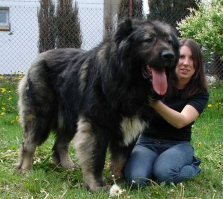 Kaukasischer Schäferhund Candidate Champion of Poland, Candidate International Champion, Polish Club Winner, Multi Best Male in Breed. Multi Best of Breed Winner Remeny Dombi BRUNO (Champion of Hungary, Junior Champion of Hungary, Debrecen Szepe, 3xHFGY Csalad Kedvence BRUNO - Bajnok IZABELLA).