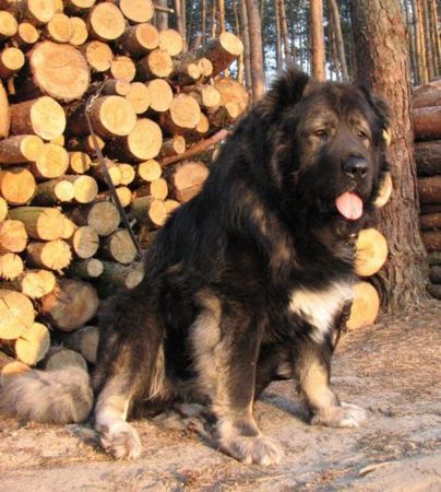 Kaukasischer Schäferhund Champion of Poland, Candidate International Champion, Polish Club Winner, Multi Best Male in Breed. Multi Best of Breed Winner Remeny Dombi BRUNO (Champion of Hungary, Junior Champion of Hungary, Debrecen Szepe, 3xHFGY Csalad Kedvence BRUNO - Bajnok IZABELLA).