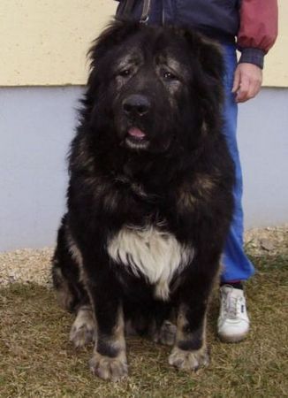 Kaukasischer Schäferhund Candidate Champion of Poland, Candidate International Champion, Polish Club Winner, Multi Best Male in Breed, Multi Best of Breed Winner Remeny Dombi BRUNO 