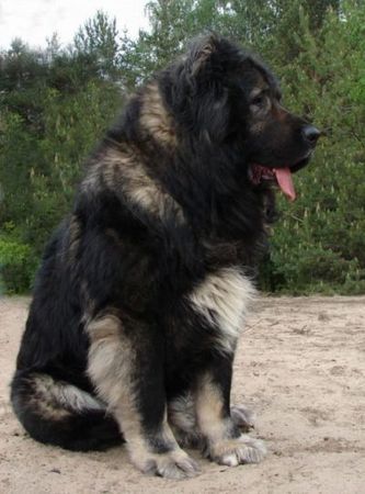 Kaukasischer Schäferhund Candidate Champion of Poland, Candidate International Champion, Polish Club Winner, Multi Best Male in Breed, Multi Best of Breed Winner Remeny Dombi BRUNO \\\\\\\\\\\\\\\\\\\\\\\\\\\\\\\\\\\\\\\\\\\\\\\\\\\\\\\\\\\\\\\\\\\\\\\\\\\\\\\\\\\\\\\\\\\\\\\\\\\\\\\\\\\\\\\\\\\\\\\\\\\\\\\\\\\\\\\\\\\\\\\\\\\\\\\\\\\\\\\\\\\\\\\\\\\\\\\\\\\\\\\\\\\\\\\\\\\\\\\\\\\\\\\\\\\\\\\\\\\\\\\\\\\\\\\\\\\\\\\\\\\\\\\\\\\\\\\\\\\\\\\\\\\\\\\\\\\\\\\\\\\\\\\\\\\\\\\\\\\\\\\\\\\\\\\\\\\\\\\\\\\\\\\\\\\\\\\\\\\\\\\\\\\\\\\\\\\\\\\\\\\\\\\\\\\\\\\\\\\\\\\\\\\\\\\\\\\\\\\\\\\\\\\\\\\\\\\\\\\\\\\\\\\\\\\\\\\\\\\\\\\\\\\\\\\\\\\\\\\\\\\\\\\\\\\\\\\\\\\\\\\\\\\\\\\\\\\\\\\\\\\\\\\\\\\\\\\\\\\\\\\\\\\\\\\\\\\\\\\\\\\\\\\\\\\\\\\\\\\\\\\\\\\\\\\\\\\\\\\\\\\\\\\\\\\\\\\\\\\\\\\\\\\\\\\\\\\\\\\\\\\\\\\\\\\\\\\\\\\\\\\\\\\\\\\\\\\\\\\\\\\\\\\\\\\\\\\\\\\\\\\\\\\\\\\\\\\\\\\\\\\\\\\\\\\\\\\\\\\\\\\\\\\\\\\\\\\\\\\\\\\\\\\\\\\\\\\\\\\\\\\\\\\\\\\\\\\\\\\\\\\\\\\\\\\\\\\\\\\\\\\\\\\\\\\\\\\\\\\\\\\\\\\\\\\\\\\\\\\\\\\\\\\\\\\\\\\\\\\\\\\\\\\\\\\\\\\\\\\\\\\\\\\\\\\\\\\\\\\\\\\\\\\\\\\\\\\\\\\\\\\\\\\\\\\\\\\\\\\\\\\\\\\\\\\\\\\\\\\\\\\\\\\\\\\\\\\\\\\\\\\\\\\\\\\\\\\\\\\\\\\\\\\\\\\\\\\\\\\\\\\\\\\\\\\\\\\\\\\\\\\\\\\\\\\\\\\\\\\\\\\\\\\\\\\\\\\\\\\\\\\\\\\\\\\\\\\\\\\\\\\\\\\\\\\\\\\\\\\\\\\\\\\\\\\\\\\\\\\\\\\\\\\\\\\\\\\\\\\\\\\\\\\\\\\\\\\\\\\\\\\\\\\\\\\\\\\\\\\\\\\\\\\\\\\\\\\\\\\\\\\\\\\\\\\\\\\\\\\\\\\\\\\\\\\\\\\\\\\\\\\\\\\\\\\\\\\\\\\\\\\\\\\\\\\\\\\\\\\\\\\\\\\\\\\\\\\\\\\\\\\\\\\\\\\\\\\\\\\\\\\\\\\\\\\\\\\\\\\\\\\\\\\\\\\\\\\\\\\\\\\\\\\\\\\\\\\\\\\\\\\\\\\\\\\\\\\\\\\\\\\\\\\\\\\\\\\\\\\\\\\\\\\\\\\\\\\\\\\\\\\\\\\\\\\\\\\\\\\\\\\\\\\\\\\\\\\\\\\\\\\\\\\\\\\\\\\\\\\\\\\\\\\\\\\\\\\\\\\\\\\\\\\\\\\\\\\\\\\\\\\\\\\\\\\\\\\\\\\\\\\\\\\\\\\\\\\\\\\\\\\\\\\\\\\\\\\\\\\\\\\\\\\\\\\\\\\\\\\\\\\\\\\\\\\\\\\\\\\\\\\\\\\\\\\\\\\\\\\\\\\\\\\\\\\\\\\\\\\\\\\\\\\\\\\\\\\\\\\\\\\\\\\\\\\\\\\\\\\\\\\\\\\\\\\\\\\\\\\\\\\\\\\\\\\\\\\\\\\\\\\\\\\\\\\\\\\\\\\\\\\\\\\\\\\\\\\\\\\\\\\\\\\\\\\\\\\\\\\\\\\\\\\\\\\\\\\\\\\\\\\\\\\\\\\\\\\\\\\\\\\\\\\\\\\\\\\\\\\\\\\\\\\\\\\\\\\\\\\\\\\\\\\\\\\\\\\\\\\\\\\\\\\\\\\\\\\\\\\\\\\\\\\\\\\\\\\\\\\\\\\\\\\\\\\\\\\\\\\\\\\\\\\\\\\\\\\\\\\\\\\\\\\\\\\\\\\\\\\\\\\\\\\\\\\\\\\\\\\\\\\\\\\\\\\\\\\\\\\\\\\\\\\\\\\\\\\\\\\\\\\\\\\\\\\\\\\\\\\\\\\\\\\\\\\\\\\\\\\\\\\\\\\\\\\\\\\\\\\\\\\\\\\\\\\\\\\\\\\\\\\\\\\\\\\\\\\\\\\\\\\\\\\\\\\\\\\\\\\\\\\\\\\\\\\\\\\\\\\\\\\\\\\\\\\\\\\\\\\\\\\\\\\\\\\\\\\\\\\\\\\\\\\\\\\\\\\\\\\\\\\\\\\\\\\\\\\\\\\\\\\\\\\\\\\\\\\\\\\\\\\\\\\\\\\\\\\\\\\\\\\\\\\\\\\\\\\\\\\\\\\\\\\\\\\\\\\\\\\\\\\\\\\\\\\\\\\\\\\\\\\\\\\\\\\\\\\\\\\\\\\\\\\\\\\\\\\\\\\\\\\\\\\\\\\\\\\\\\\\\\\\\\\\\\\\\\\\\\\\\\\\\\\\\\\\\\\\\\\\\\\\\\\\\\\\\\\\\\\\\\\\\\\\\\\\\\\\\\\\\\\\\\\\\\\\\\\\\\\\\\\\\\\\\\\\\\\\\\\\\\\\\\\\\\\\\\\\\\\\\\\\\\\\\\\\\\\\\\\\\\\\\\\\\\\\\\\\\\\\\\\\\\\\\\\\\\\\\\\\\\\\\\\\\\\\\\\\\\\\\\\\\\\\\\\\\\\\\\\\\\\\\\\\\\\\\\\\\\\\\\\\\\\\\\\\\\\\\\\\\\\\\\\\\\\\\\\\\\\\\\\\\\\\\\\\\\\\\\\\\\\\\\\\\\\\\\\\\\\\\\\\\\\\\\\\\\\\\\\\\\\\\\\\\\\\\\\\\\\\\\\\\\\\\\\\\\\\\\\\\\\\\\\\\\\\\\\\\\\\\\\\\\\\\\\\\\\\\\\\\\\\\\\\\\\\\\\\\\\\\\\\\\\\\\\\\\\\\\\\\\\\\\\\\\\\\\\\\\\\\\\\\\\\\\\\\\\\\\\\\\\\\\\\\\\\\\\\\\\\\\\\\\\\\\\\\\\\\\\\\\\\\\\\\\\\\\\\\\\\\\\\\\\\\\\\\\\\\\\\\\\\\\\\\\\\\\\\\\\\\\\\\\\\\\\\\\\\\\\\\\\\\\\\\\\\\\\\\\\\\\\\\\\\\\\\\\\\\\\\\\\\\\\\\\\\\\\\\\\\\\\\\\\\\\\\\\\\\\\\\\\\\\\\\\\\\\\\\\\\\\\\\\\\\\\\\\\\\\\\\\\\\\\\\\\\\\\\\\\\\\\\\\\\\\\\\\\\\\\\\\\\\\\\\\\\\\\\\\\\\\\\\\\\\\\\\\\\\\\\\\\\\\\\\\\\\\\\\\\\\\\\\\\\\\\\\\\\\\\\\\\\\\\\\\\\\\\\\\\\\\\\\\\\\\\\\\\\\\\\\\\\\\\\\\\\\\\\\\\\\\\\\\\\\\\\\\\\\\\\\\\\\\\\\\\\\\\\\\\\\\\\\\\\\\\\\\\\\\\\\\\\\\\\\\\\\\\\\\\\\\\\\\\\\\\\\\\\\\\\\\\\\\\\\\\\\\\\\\\\\\\\\\\\\\\\\\\\\\\\\\\\\\\\\\\\\\\\\\\\\\\\\\\\\\\\\\\\\\\\\\\\\\\\\\\\\\\\\\\\\\\\\\\\\\\\\\\\\\\\\\\\\\\\\\\\\\\\\\\\\\\\\\\\\\\\\\\\\\\\\\\\\\\\\\\\\\\\\\\\\\\\\\\\\\\\\\\\\\\\\\\\\\\\\\\\\\\\\\\\\\\\\\\\\\\\\\\\\\\\\\\\\\\\\\\\\\\\\\\\\\\\\\\\\\\\\\\\\\\\\\\\\\\\\\\\\\\\\\\\\\\\\\\\\\\\\\\\\\\\\\\\\\\\\\\\\\\\\\\\\\\\\\\\\\\\\\\\\\\\\\\\\\\\\\\\\\\\\\\\\\\\\\\\\\\\\\\\\\\\\\\\\\\\\\\\\\\\\\\\\\\\\\\\\\\\\\\\\\\\\\\\\\\\\\\\\\\\\\\\\\\\\\\\\\\\\\\\\\\\\\\\\\\\\\\\\\\\\\\\\\\\\\\\\\\\\\\\\\\\\\\\\\\\\\\\\\\\\\\\\\\\\\\\\\\\\\\\\\\\\\\\\\\\\\\\\\\\\\\\\\\\\\\\\\\\\\\\\\\\\\\\\\\\\\\\\\\\\\\\\\\\\\\\\\\\\\\\\\\\\\\\\\\\\\\\\\\\\\\\\\\\\\\\\\\\\\\\\\\\\\\\\\\\\\\\\\\\\\\\\\\\\\\\\\\\\\\\\\\\\\\\\\\\\\\\\\\\\\\\\\\\\\\\\\\\\\\\\\\\\\\\\\\\\\\\\\\\\\\\\\\\\\\\\\\\\\\\\\\\\\\\\\\\\\\\\\\\\\\\\\\\\\\\\\\\\\\\\\\\\\\\\\\\\\\\\\\\\\\\\\\\\\\\\\\\\\\\\\\\\\\\\\\\\\\\\\\\\\\\\\\\\\\\\\\\\\\\\\\\\\\\\\\\\\\\\\\\\\\\\\\\\\\\\\\\\\\\\\\\\\\\\\\\\\\\\\\\\\\\\\\\\\\\\\\\\\\\\\\\\\\\\\\\\\\\\\\\\\\\\\\\\\\\\\\\\\\\\\\\\\\\\\\\\\\\\\\\\\\\\\\\\\\\\\\\\\\\\\\\\\\\\\\\\\\\\\\\\\\\\\\\\\\\\\\\\\\\\\\\\\\\\\\\\\\\\\\\\\\\\\\\\\\\\\\\\\\\\\\\\\\\\\\\\\\\\\\\\\\\\\\\\\\\\\\\\\\\\\\\\\\\\\\\\\\\\\\\\\\\\\\\\\\\\\\\\\\\\\\\\\\\\\\\\\\\\\\\\\\\\\\\\\\\\\\\\\\\\\\\\\\\\\\\\\\\\\\\\\\\\\\\\\\\\\\\\\\\\\\\\\\\\\\\\\\\\\\\\\\\\\\\\\\\\\\\\\\\\\\\\\\\\\\\\\\\\\\\\\\\\\\\\\\\\\\\\\\\\\\\\\\\\\\\\\\\\\\\\\\\\\\\\\\\\\\\\\\\\\\\\\\\\\\\\\\\\\\\\\\\\\\\\\\\\\\\\\\\\\\\\\\\\\\\\\\\\\\\\\\\\\\\\\\\\\\\\\\\\\\\\\\\\\\\\\\\\\\\\\\\\\\\\\\\\\\\\\\\\\\\\\\\\\\\\\\\\\\\\\\\\\\\\\\\\\\\\\\\\\\\\\\\\\\\\\\\\\\\\\\\\\\\\\\\\\\\\\\\\\\\\\\\\\\\\\\\\\\\\\\\\\\\\\\\\\\\\\\\\\\\\\\\\\\\\\\\\\\\\\\\\\\\\\\\\\\\\\\\\\\\\\\\\\\\\\\\\\\\\\\\\\\\\\\\\\\\\\\\\\\\\\\\\\\\\\\\\\\\\\\\\\\\\\\\\\\\\\\\\\\\\\\\\\\\\\\\\\\\\\\\\\\\\\\\\\\\\\\\\\\\\\\\\\\\\\\\\\\\\\\\\\\\\\\\\\\\\\\\\\\\\\\\\\\\\\\\\\\\\\\\\\\\\\\\\\\\\\\\\\\\\\\\\\\\\\\\\\\\\\\\\\\\\\\\\\\\\\\\\\\\\\\\\\\\\\\\\\\\\\\\\\\\\\\\\\\\\\\\\\\\\\\\\\\\\\\\\\\\\\\\\\\\\\\\\\\\\\\\\\\\\\\\\\\\\\\\\\\\\\\\\\\\\\\\\\\\\\\\\\\\\\\\\\\\\\\\\\\\\\\\\\\\\\\\\\\\\\\\\\\\\\\\\\\\\\\\\\\\\\\\\\\\\\\\\\\\\\\\\\\\\\\\\\\\\\\\\\\\\\\\\\\\\\\\\\\\\\\\\\\\\\\\\\\\\\\\\\\\\\\\\\\\\\\\\\\\\\\\\\\\\\\\\\\\\\\\\\\\\\\\\\\\\\\\\\\\\\\\\\\\\\\\\\\\\\\\\\\\\\\\\\\\\\\\\\\\\\\\\\\\\\\\\\\\\\\\\\\\\\\\\\\\\\\\\\\\\\\\\\\\\\\\\\\\\\\\\\\\\\\\\\\\\\\\\\\\\\\\\\\\\\\\\\\\\\\\\\\\\\\\\\\\\\\\\\\\\\\\\\\\\\\\\\\\\\\\\\\\\\\\\\\\\\\\\\\\\\\\\\\\\\\\\\\\\\\\\\\\\\\\\\\\\\\\\\\\\\\\\\\\\\\\\\\\\\\\\\\\\\\\\\\\\\\\\\\\\\\\\\\\\\\\\\\\\\\\\\\\\\\\\\\\\\\\\\\\\\\\\\\\\\\\\\\\\\\\\\\\\\\\\\\\\\\\\\\\\\\\\\\\\\\\\\\\\\\\\\\\\\\\\\\\\\\\\\\\\\\\\\\\\\\\\\\\\\\\\\\\\\\\\\\\\\\\\\\\\\\\\\\\\\\\\\\\\\\\\\\\\\\\\\\\\\\\\\\\\\\\\\\\\\\\\\\\\\\\\\\\\\\\\\\\\\\\\\\\\\\\\\\\\\\\\\\\\\\\\\\\\\\\\\\\\\\\\\\\\\\\\\\\\\\\\\\\\\\\\\\\\\\\\\\\\\\\\\\\\\\\\\\\\\\\\\\\\\\\\\\\\\\\\\\\\\\\\\\\\\\\\\\\\\\\\\\\\\\\\\\\\\\\\\\\\\\\\\\\\\\\\\\\\\\\\\\\\\\\\\\\\\\\\\\\\\\\\\\\\\\\\\\\\\\\\\\\\\\\\\\\\\\\\\\\\\\\\\\\\\\\\\\\\\\\\\\\\\\\\\\\\\\\\\\\\\\\\\\\\\\\\\\\\\\\\\\\\\\\\\\\\\\\\\\\\\\\\\\\\\\\\\\\\\\\\\\\\\\\\\\\\\\\\\\\\\\\\\\\\\\\\\\\\\\\\\\\\\\\\\\\\\\\\\\\\\\\\\\\\\\\\\\\\\\\\\\\\\\\\\\\\\\\\\\\\\\\\\\\\\\\\\\\\\\\\\\\\\\\\\\\\\\\\\\\\\\\\\\\\\\\\\\\\\\\\\\\\\\\\\\\\\\\\\\\\\\\\\\\\\\\\\\\\\\\\\\\\\\\\\\\\\\\\\\\\\\\\\\\\\\\\\\\\\\\\\\\\\\\\\\\\\\\\\\\\\\\\\\\\\\\\\\\\\\\\\\\\\\\\\\\\\\\\\\\\\\\\\\\\\\\\\\\\\\\\\\\\\\\\\\\\\\\\\\\\\\\\\\\\\\\\\\\\\\\\\\\\\\\\\\\\\\\\\\\\\\\\\\\\\\\\\\\\\\\\\\\\\\\\\\\\\\\\\\\\\\\\\\\\\\\\\\\\\\\\\\\\\\\\\\\\\\\\\\\\\\\\\\\\\\\\\\\\\\\\\\\\\\\\\\\\\\\\\\\\\\\\\\\\\\\\\\\\\\\\\\\\\\\\\\\\\\\\\\\\\\\\\\\\\\\\\\\\\\\\\\\\\\\\\\\\\\\\\\\\\\\\\\\\\\\\\\\\\\\\\\\\\\\\\\\\\\\\\\\\\\\\\\\\\\\\\\\\\\\\\\\\\\\\\\\\\\\\\\\\\\\\\\\\\\\\\\\\\\\\\\\\\\\\\\\\\\\\\\\\\\\\\\\\\\\\\\\\\\\\\\\\\\\\\\\\\\\\\\\\\\\\\\\\\\\\\\\\\\\\\\\\\\\\\\\\\\\\\\\\\\\\\\\\\\\\\\\\\\\\\\\\\\\\\\\\\\\\\\\\\\\\\\\\\\\\\\\\\\\\\\\\\\\\\\\\\\\\\\\\\\\\\\\\\\\\\\\\\\\\\\\\\\\\\\\\\\\\\\\\\\\\\\\\\\\\\\\\\\\\\\\\\\\\\\\\\\\\\\\\\\\\\\\\\\\\\\\\\\\\\\\\\\\\\\\\\\\\\\\\\\\\\\\\\\\\\\\\\\\\\\\\\\\\\\\\\\\\\\\\\\\\\\\\\\\\\\\\\\\\\\\\\\\\\\\\\\\\\\\\\\\\\\\\\\\\\\\\\\\\\\\\\\\\\\\\\\\\\\\\\\\\\\\\\\\\\\\\\\\\\\\\\\\\\\\\\\\\\\\\\\\\\\\\\\\\\\\\\\\\\\\\\\\\\\\\\\\\\\\\\\\\\\\\\\\\\\\\\\\\\\\\\\\\\\\\\\\\\\\\\\\\\\\\\\\\\\\\\\\\\\\\\\\\\\\\\\\\\\\\\\\\\\\\\\\\\\\\\\\\\\\\\\\\\\\\\\\\\\\\\\\\\\\\\\\\\\\\\\\\\\\\\\\\\\\\\\\\\\\\\\\\\\\\\\\\\\\\\\\\\\\\\\\\\\\\\\\\\\\\\\\\\\\\\\\\\\\\\\\\\\\\\\\\\\\\\\\\\\\\\\\\\\\\\\\\\\\\\\\\\\\\\\\\\\\\\\\\\\\\\\\\\\\\\\\\\\\\\\\\\\\\\\\\\\\\\\\\\\\\\\\\\\\\\\\\\\\\\\\\\\\\\\\\\\\\\\\\\\\\\\\\\\\\\\\\\\\\\\\\\\\\\\\\\\\\\\\\\\\\\\\\\\\\\\\\\\\\\\\\\\\\\\\\\\\\\\\\\\\\\\\\\\\\\\\\\\\\\\\\\\\\\\\\\\\\\\\\\\\\\\\\\\\\\\\\\\\\\\\\\\\\\\\\\\\\\\\\\\\\\\\\\\\\\\\\\\\\\\\\\\\\\\\\\\\\\\\\\\\\\\\\\\\\\\\\\\\\\\\\\\\\\\\\\\\\\\\\\\\\\\\\\\\\\\\\\\\\\\\\\\\\\\\\\\\\\\\\\\\\\\\\\\\\\\\\\\\\\\\\\\\\\\\\\\\\\\\\\\\\\\\\\\\\\\\\\\\\\\\\\\\\\\\\\\\\\\\\\\\\\\\\\\\\\\\\\\\\\\\\\\\\\\\\\\\\\\\\\\\\\\\\\\\\\\\\\\\\\\\\\\\\\\\\\\\\\\\\\\\\\\\\\\\\\\\\\\\\\\\\\\\\\\\\\\\\\\\\\\\\\\\\\\\\\\\\\\\\\\\\\\\\\\\\\\\\\\\\\\\\\\\\\\\\\\\\\\\\\\\\\\\\\\\\\\\\\\\\\\\\\\\\\\\\\\\\\\\\\\\\\\\\\\\\\\\\\\\\\\\\\\\\\\\\\\\\\\\\\\\\\\\\\\\\\\\\\\\\\\\\\\\\\\\\\\\\\\\\\\\\\\\\\\\\\\\\\\\\\\\\\\\\\\\\\\\\\\\\\\\\\\\\\\\\\\\\\\\\\\\\\\\\\\\\\\\\\\\\\\\\\\\\\\\\\\\\\\\\\\\\\\\\\\\\\\\\\\\\\\\\\\\\\\\\\\\\\\\\\\\\\\\\\\\\\\\\\\\\\\\\\\\\\\\\\\\\\\\\\\\\\\\\\\\\\\\\\\\\\\\\\\\\\\\\\\\\\\\\\\\\\\\\\\\\\\\\\\\\\\\\\\\\\\\\\\\\\\\\\\\\\\\\\\\\\\\\\\\\\\\\\\\\\\\\\\\\\\\\\\\\\\\\\\\\\\\\\\\\\\\\\\\\\\\\\\\\\\\\\\\\\\\\\\\\\\\\\\\\\\\\\\\\\\\\\\\\\\\\\\\\\\\\\\\\\\\\\\\\\\\\\\\\\\\\\\\\\\\\\\\\\\\\\\\\\\\\\\\\\\\\\\\\\\\\\\\\\\\\\\\\\\\\\\\\\\\\\\\\\\\\\\\\\\\\\\\\\\\\\\\\\\\\\\\\\\\\\\\\\\\\\\\\\\\\\\\\\\\\\\\\\\\\\\\\\\\\\\\\\\\\\\\\\\\\\\\\\\\\\\\\\\\\\\\\\\\\\\\\\\\\\\\\\\\\\\\\\\\\\\\\\\\\\\\\\\\\\\\\\\\\\\\\\\\\\\\\\\\\\\\\\\\\\\\\\\\\\\\\\\\\\\\\\\\\\\\\\\\\\\\\\\\\\\\\\\\\\\\\\\\\\\\\\\\\\\\\\\\\\\\\\\\\\\\\\\\\\\\\\\\\\\\\\\\\\\\\\\\\\\\\\\\\\\\\\\\\\\\\\\\\\\\\\\\\\\\\\\\\\\\\\\\\\\\\\\\\\\\\\\\\\\\\\\\\\\\\\\\\\\\\\\\\\\\\\\\\\\\\\\\\\\\\\\\\\\\\\\\\\\\\\\\\\\\\\\\\\\\\\\\\\\\\\\\\\\\\\\\\\\\\\\\\\\\\\\\\\\\\\\\\\\\\\\\\\\\\\\\\\\\\\\\\\\\\\\\\\\\\\\\\\\\\\\\\\\\\\\\\\\\\\\\\\\\\\\\\\\\\\\\\\\\\\\\\\\\\\\\\\\\\\\\\\\\\\\\\\\\\\\\\\\\\\\\\\\\\\\\\\\\\\\\\\\\\\\\\\\\\\\\\\\\\\\\\\\\\\\\\\\\\\\\\\\\\\\\\\\\\\\\\\\\\\\\\\\\\\\\\\\\\\\\\\\\\\\\\\\\\\\\\\\\\\\\\\\\\\\\\\\\\\\\\\\\\\\\\\\\\\\\\\\\\\\\\\\\\\\\\\\\\\\\\\\\\\\\\\\\\\\\\\\\\\\\\\\\\\\\\\\\\\\\\\\\\\\\\\\\\\\\\\\\\\\\\\\\\\\\\\\\\\\\\\\\\\\\\\\\\\\\\\\\\\\\\\\\\\\\\\\\\\\\\\\\\\\\\\\\\\\\\\\\\\\\\\\\\\\\\\\\\\\\\\\\\\\\\\\\\\\\\\\\\\\\\\\\\\\\\\\\\\\\\\\\\\\\\\\\\\\\\\\\\\\\\\\\\\\\\\\\\\\\\\\\\\\\\\\\\\\\\\\\\\\\\\\\\\\\\\\\\\\\\\\\\\\\\\\\\\\\\\\\\\\\\\\\\\\\\\\\\\\\\\\\\\\\\\\\\\\\\\\\\\\\\\\\\\\\\\\\\\\\\\\\\\\\\\\\\\\\\\\\\\\\\\\\\\\\\\\\\\\\\\\\\\\\\\\\\\\\\\\\\\\\\\\\\\\\\\\\\\\\\\\\\\\\\\\\\\\\\\\\\\\\\\\\\\\\\\\\\\\\\\\\\\\\\\\\\\\\\\\\\\\\\\\\\\\\\\\\\\\\\\\\\\\\\\\\\\\\\\\\\\\\\\\\\\\\\\\\\\\\\\\\\\\\\\\\\\\\\\\\\\\\\\\\\\\\\\\\\\\\\\\\\\\\\\\\\\\\\\\\\\\\\\\\\\\\\\\\\\\\\\\\\\\\\\\\\\\\\\\\\\\\\\\\\\\\\\\\\\\\\\\\\\\\\\\\\\\\\\\\\\\\\\\\\\\\\\\\\\\\\\\\\\\\\\\\\\\\\\\\\\\\\\\\\\\\\\\\\\\\\\\\\\\\\\\\\\\\\\\\\\\\\\\\\\\\\\\\\\\\\\\\\\\\\\\\\\\\\\\\\\\\\\\\\\\\\\\\\\\\\\\\\\\\\\\\\\\\\\\\\\\\\\\\\\\\\\\\\\\\\\\\\\\\\\\\\\\\\\\\\\\\\\\\\\\\\\\\\\\\\\\\\\\\\\\\\\\\\\\\\\\\\\\\\\\\\\\\\\\\\\\\\\\\\\\\\\\\\\\\\\\\\\\\\\\\\\\\\\\\\\\\\\\\\\\\\\\\\\\\\\\\\\\\\\\\\\\\\\\\\\\\\\\\\\\\\\\\\\\\\\\\\\\\\\\\\\\\\\\\\\\\\\\\\\\\\\\\\\\\\\\\\\\\\\\\\\\\\\\\\\\\\\\\\\\\\\\\\\\\\\\\\\\\\\\\\\\\\\\\\\\\\\\\\\\\\\\\\\\\\\\\\\\\\\\\\\\\\\\\\\\\\\\\\\\\\\\\\\\\\\\\\\\\\\\\\\\\\\\\\\\\\\\\\\\\\\\\\\\\\\\\\\\\\\\\\\\\\\\\\\\\\\\\\\\\\\\\\\\\\\\\\\\\\\\\\\\\\\\\\\\\\\\\\\\\\\\\\\\\\\\\\\\\\\\\\\\\\\\\\\\\\\\\\\\\\\\\\\\\\\\\\\\\\\\\\\\\\\\\\\\\\\\\\\\\\\\\\\\\\\\\\\\\\\\\\\\\\\\\\\\\\\\\\\\\\\\\\\\\\\\\\\\\\\\\\\\\\\\\\\\\\\\\\\\\\\\\\\\\\\\\\\\\\\\\\\\\\\\\\\\\\\\\\\\\\\\\\\\\\\\\\\\\\\\\\\\\\\\\\\\\\\\\\\\\\\\\\\\\\\\\\\\\\\\\\\\\\\\\\\\\\\\\\\\\\\\\\\\\\\\\\\\\\\\\\\\\\\\\\\\\\\\\\\\\\\\\\\\\\\\\\\\\\\\\\\\\\\\\\\\\\\\\\\\\\\\\\\\\\\\\\\\\\\\\\\\\\\\\\\\\\\\\\\\\\\\\\\\\\\\\\\\\\\\\\\\\\\\\\\\\\\\\\\\\\\\\\\\\\\\\\\\\\\\\\\\\\\\\\\\\\\\\\\\\\\\\\\\\\\\\\\\\\\\\\\\\\\\\\\\\\\\\\\\\\\\\\\\\\\\\\\\\\\\\\\\\\\\\\\\\\\\\\\\\\\\\\\\\\\\\\\\\\\\\\\\\\\\\\\\\\\\\\\\\\\\\\\\\\\\\\\\\\\\\\\\\\\\\\\\\\\\\\\\\\\\\\\\\\\\\\\\\\\\\\\\\\\\\\\\\\\\\\\\\\\\\\\\\\\\\\\\\\\\\\\\\\\\\\\\\\\\\\\\\\\\\\\\\\\\\\\\\\\\\\\\\\\\\\\\\\\\\\\\\\\\\\\\\\\\\\\\\\\\\\\\\\\\\\\\\\\\\\\\\\\\\\\\\\\\\\\\\\\\\\\\\\\\\\\\\\\\\\\\\\\\\\\\\\\\\\\\\\\\\\\\\\\\\\\\\\\\\\\\\\\\\\\\\\\\\\\\\\\\\\\\\\\\\\\\\\\\\\\\\\\\\\\\\\\\\\\\\\\\\\\\\\\\\\\\\\\\\\\\\\\\\\\\\\\\\\\\\\\\\\\\\\\\\\\\\\\\\\\\\\\\\\\\\\\\\\\\\\\\\\\\\\\\\\\\\\\\\\\\\\\\\\\\\\\\\\\\\\\\\\\\\\\\\\\\\\\\\\\\\\\\\\\\\\\\\\\\\\\\\\\\\\\\\\\\\\\\\\\\\\\\\\\\\\\\\\\\\\\\\\\\\\\\\\\\\\\\\\\\\\\\\\\\\\\\\\\\\\\\\\\\\\\\\\\\\\\\\\\\\\\\\\\\\\\\\\\\\\\\\\\\\\\\\\\\\\\\\\\\\\\\\\\\\\\\\\\\\\\\\\\\\\\\\\\\\\\\\\\\\\\\\\\\\\\\\\\\\\\\\\\\\\\\\\\\\\\\\\\\\\\\\\\\\\\\\\\\\\\\\\\\\\\\\\\\\\\\\\\\\\\\\\\\\\\\\\\\\\\\\\\\\\\\\\\\\\\\\\\\\\\\\\\\\\\\\\\\\\\\\\\\\\\\\\\\\\\\\\\\\\\\\\\\\\\\\\\\\\\\\\\\\\\\\\\\\\\\\\\\\\\\\\\\\\\\\\\\\\\\\\\\\\\\\\\\\\\\\\\\\\\\\\\\\\\\\\\\\\\\\\\\\\\\\\\\\\\\\\\\\\\\\\\\\\\\\\\\\\\\\\\\\\\\\\\\\\\\\\\\\\\\\\\\\\\\\\\\\\\\\\\\\\\\\\\\\\\\\\\\\\\\\\\\\\\\\\\\\\\\\\\\\\\\\\\\\\\\\\\\\\\\\\\\\\\\\\\\\\\\\\\\\\\\\\\\\\\\\\\\\\\\\\\\\\\\\\\\\\\\\\\\\\\\\\\\\\\\\\\\\\\\\\\\\\\\\\\\\\\\\\\\\\\\\\\\\\\\\\\\\\\\\\\\\\\\\\\\\\\\\\\\\\\\\\\\\\\\\\\\\\\\\\\\\\\\\\\\\\\\\\\\\\\\\\\\\\\\\\\\\\\\\\\\\\\\\\\\\\\\\\\\\\\\\\\\\\\\\\\\\\\\\\\\\\\\\\\\\\\\\\\\\\\\\\\\\\\\\\\\\\\\\\\\\\\\\\\\\\\\\\\\\\\\\\\\\\\\\\\\\\\\\\\\\\\\\\\\\\\\\\\\\\\\\\\\\\\\\\\\\\\\\\\\\\\\\\\\\\\\\\\\\\\\\\\\\\\\\\\\\\\\\\\\\\\\\\\\\\\\\\\\\\\\\\\\\\\\\\\\\\\\\\\\\\\\\\\\\\\\\\\\\\\\\\\\\\\\\\\\\\\\\\\\\\\\\\\\\\\\\\\\\\\\\\\\\\\\\\\\\\\\\\\\\\\\\\\\\\\\\\\\\\\\\\\\\\\\\\\\\\\\\\\\\\\\\\\\\\\\\\\\\\\\\\\\\\\\\\\\\\\\\\\\\\\\\\\\\\\\\\\\\\\\\\\\\\\\\\\\\\\\\\\\\\\\\\\\\\\\\\\\\\\\\\\\\\\\\\\\\\\\\\\\\\\\\\\\\\\\\\\\\\\\\\\\\\\\\\\\\\\\\\\\\\\\\\\\\\\\\\\\\\\\\\\\\\\\\\\\\\\\\\\\\\\\\\\\\\\\\\\\\\\\\\\\\\\\\\\\\\\\\\\\\\\\\\\\\\\\\\\\\\\\\\\\\\\\\\\\\\\\\\\\\\\\\\\\\\\\\\\\\\\\\\\\\\\\\\\\\\\\\\\\\\\\\\\\\\\\\\\\\\\\\\\\\\\\\\\\\\\\\\\\\\\\\\\\\\\\\\\\\\\\\\\\\\\\\\\\\\\\\\\\\\\\\\\\\\\\\\\\\\\\\\\\\\\\\\\\\\\\\\\\\\\\\\\\\\\\\\\\\\\\\\\\\\\\\\\\\\\\\\\\\\\\\\\\\\\\\\\\\\\\\\\\\\\\\\\\\\\\\\\\\\\\\\\\\\\\\\\\\\\\\\\\\\\\\\\\\\\\\\\\\\\\\\\\\\\\\\\\\\\\\\\\\\\\\\\\\\\\\\\\\\\\\\\\\\\\\\\\\\\\\\\\\\\\\\\\\\\\\\\\\\\\\\\\\\\\\\\\\\\\\\\\\\\\\\\\\\\\\\\\\\\\\\\\\\\\\\\\\\\\\\\\\\\\\\\\\\\\\\\\\\\\\\\\\\\\\\\\\\\\\\\\\\\\\\\\\\\\\\\\\\\\\\\\\\\\\\\\\\\\\\\\\\\\\\\\\\\\\\\\\\\\\\\\\\\\\\\\\\\\\\\\\\\\\\\\\\\\\\\\\\\\\\\\\\\\\\\\\\\\\\\\\\\\\\\\\\\\\\\\\\\\\\\\\\\\\\\\\\\\\\\\\\\\\\\\\\\\\\\\\\\\\\\\\\\\\\\\\\\\\\\\\\\\\\\\\\\\\\\\\\\\\\\\\\\\\\\\\\\\\\\\\\\\\\\\\\\\\\\\\\\\\\\\\\\\\\\\\\\\\\\\\\\\\\\\\\\\\\\\\\\\\\\\\\\\\\\\\\\\\\\\\\\\\\\\\\\\\\\\\\\\\\\\\\\\\\\\\\\\\\\\\\\\\\\\\\\\\\\\\\\\\\\\\\\\\\\\\\\\\\\\\\\\\\\\\\\\\\\\\\\\\\\\\\\\\\\\\\\\\\\\\\\\\\\\\\\\\\\\\\\\\\\\\\\\\\\\\\\\\\\\\\\\\\\\\\\\\\\\\\\\\\\\\\\\\\\\\\\\\\\\\\\\\\\\\\\\\\\\\\\\\\\\\\\\\\\\\\\\\\\\\\\\\\\\\\\\\\\\\\\\\\\\\\\\\\\\\\\\\\\\\\\\\\\\\\\\\\\\\\\\\\\\\\\\\\\\\\\\\\\\\\\\\\\\\\\\\\\\\\\\\\\\\\\\\\\\\\\\\\\\\\\\\\\\\\\\\\\\\\\\\\\\\\\\\\\\\\\\\\\\\\\\\\\\\\\\\\\\\\\\\\\\\\\\\\\\\\\\\\\\\\\\\\\\\\\\\\\\\\\\\\\\\\\\\\\\\\\\\\\\\\\\\\\\\\\\\\\\\\\\\\\\\\\\\\\\\\\\\\\\\\\\\\\\\\\\\\\\\\\\\\\\\\\\\\\\\\\\\\\\\\\\\\\\\\\\\\\\\\\\\\\\\\\\\\\\\\\\\\\\\\\\\\\\\\\\\\\\\\\\\\\\\\\\\\\\\\\\\\\\\\\\\\\\\\\\\\\\\\\\\\\\\\\\\\\\\\\\\\\\\\\\\\\\\\\\\\\\\\\\\\\\\\\\\\\\\\\\\\\\\\\\\\\\\\\\\\\\\\\\\\\\\\\\\\\\\\\\\\\\\\\\\\\\\\\\\\\\\\\\\\\\\\\\\\\\\\\\\\\\\\\\\\\\\\\\\\\\\\\\\\\\\\\\\\\\\\\\\\\\\\\\\\\\\\\\\\\\\\\\\\\\\\\\\\\\\\\\\\\\\\\\\\\\\\\\\\\\\\\\\\\\\\\\\\\\\\\\\\\\\\\\\\\\\\\\\\\\\\\\\\\\\\\\\\\\\\\\\\\\\\\\\\\\\\\\\\\\\\\\\\\\\\\\\\\\\\\\\\\\\\\\\\\\\\\\\\\\\\\\\\\\\\\\\\\\\\\\\\\\\\\\\\\\\\\\\\\\\\\\\\\\\\\\\\\\\\\\\\\\\\\\\\\\\\\\\\\\\\\\\\\\\\\\\\\\\\\\\\\\\\\\\\\\\\\\\\\\\\\\\\\\\\\\\\\\\\\\\\\\\\\\\\\\\\\\\\\\\\\\\\\\\\\\\\\\\\\\\\\\\\\\\\\\\\\\\\\\\\\\\\\\\\\\\\\\\\\\\\\\\\\\\\\\\\\\\\\\\\\\\\\\\\\\\\\\\\\\\\\\\\\\\\\\\\\\\\\\\\\\\\\\\\\\\\\\\\\\\\\\\\\\\\\\\\\\\\\\\\\\\\\\\\\\\\\\\\\\\\\\\\\\\\\\\\\\\\\\\\\\\\\\\\\\\\\\\\\\\\\\\\\\\\\\\\\\\\\\\\\\\\\\\\\\\\\\\\\\\\\\\\\\\\\\\\\\\\\\\\\\\\\\\\\\\\\\\\\\\\\\\\\\\\\\\\\\\\\\\\\\\\\\\\\\\\\\\\\\\\\\\\\\\\\\\\\\\\\\\\\\\\\\\\\\\\\\\\\\\\\\\\\\\\\\\\\\\\\\\\\\\\\\\\\\\\\\\\\\\\\\\\\\\\\\\\\\\\\\\\\\\\\\\\\\\\\\\