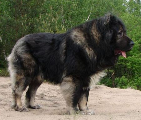 Kaukasischer Schäferhund Candidate Champion of Poland, Candidate International Champion, Polish Club Winner, Multi Best Male in Breed, Multi Best of Breed Winner Remeny Dombi BRUNO \\\\\\\\\\\\\\\\\\\\\\\\\\\\\\\\\\\\\\\\\\\\\\\\\\\\\\\\\\\\\\\\\\\\\\\\\\\\\\\\\\\\\\\\\\\\\\\\\\\\\\\\\\\\\\\\\\\\\\\\\\\\\\\\\\\\\\\\\\\\\\\\\\\\\\\\\\\\\\\\\\\\\\\\\\\\\\\\\\\\\\\\\\\\\\\\\\\\\\\\\\\\\\\\\\\\\\\\\\\\\\\\\\\\\\\\\\\\\\\\\\\\\\\\\\\\\\\\\\\\\\\\\\\\\\\\\\\\\\\\\\\\\\\\\\\\\\\\\\\\\\\\\\\\\\\\\\\\\\\\\\\\\\\\\\\\\\\\\\\\\\\\\\\\\\\\\\\\\\\\\\\\\\\\\\\\\\\\\\\\\\\\\\\\\\\\\\\\\\\\\\\\\\\\\\\\\\\\\\\\\\\\\\\\\\\\\\\\\\\\\\\\\\\\\\\\\\\\\\\\\\\\\\\\\\\\\\\\\\\\\\\\\\\\\\\\\\\\\\\\\\\\\\\\\\\\\\\\\\\\\\\\\\\\\\\\\\\\\\\\\\\\\\\\\\\\\\\\\\\\\\\\\\\\\\\\\\\\\\\\\\\\\\\\\\\\\\\\\\\\\\\\\\\\\\\\\\\\\\\\\\\\\\\\\\\\\\\\\\\\\\\\\\\\\\\\\\\\\\\\\\\\\\\\\\\\\\\\\\\\\\\\\\\\\\\\\\\\\\\\\\\\\\\\\\\\\\\\\\\\\\\\\\\\\\\\\\\\\\\\\\\\\\\\\\\\\\\\\\\\\\\\\\\\\\\\\\\\\\\\\\\\\\\\\\\\\\\\\\\\\\\\\\\\\\\\\\\\\\\\\\\\\\\\\\\\\\\\\\\\\\\\\\\\\\\\\\\\\\\\\\\\\\\\\\\\\\\\\\\\\\\\\\\\\\\\\\\\\\\\\\\\\\\\\\\\\\\\\\\\\\\\\\\\\\\\\\\\\\\\\\\\\\\\\\\\\\\\\\\\\\\\\\\\\\\\\\\\\\\\\\\\\\\\\\\\\\\\\\\\\\\\\\\\\\\\\\\\\\\\\\\\\\\\\\\\\\\\\\\\\\\\\\\\\\\\\\\\\\\\\\\\\\\\\\\\\\\\\\\\\\\\\\\\\\\\\\\\\\\\\\\\\\\\\\\\\\\\\\\\\\\\\\\\\\\\\\\\\\\\\\\\\\\\\\\\\\\\\\\\\\\\\\\\\\\\\\\\\\\\\\\\\\\\\\\\\\\\\\\\\\\\\\\\\\\\\\\\\\\\\\\\\\\\\\\\\\\\\\\\\\\\\\\\\\\\\\\\\\\\\\\\\\\\\\\\\\\\\\\\\\\\\\\\\\\\\\\\\\\\\\\\\\\\\\\\\\\\\\\\\\\\\\\\\\\\\\\\\\\\\\\\\\\\\\\\\\\\\\\\\\\\\\\\\\\\\\\\\\\\\\\\\\\\\\\\\\\\\\\\\\\\\\\\\\\\\\\\\\\\\\\\\\\\\\\\\\\\\\\\\\\\\\\\\\\\\\\\\\\\\\\\\\\\\\\\\\\\\\\\\\\\\\\\\\\\\\\\\\\\\\\\\\\\\\\\\\\\\\\\\\\\\\\\\\\\\\\\\\\\\\\\\\\\\\\\\\\\\\\\\\\\\\\\\\\\\\\\\\\\\\\\\\\\\\\\\\\\\\\\\\\\\\\\\\\\\\\\\\\\\\\\\\\\\\\\\\\\\\\\\\\\\\\\\\\\\\\\\\\\\\\\\\\\\\\\\\\\\\\\\\\\\\\\\\\\\\\\\\\\\\\\\\\\\\\\\\\\\\\\\\\\\\\\\\\\\\\\\\\\\\\\\\\\\\\\\\\\\\\\\\\\\\\\\\\\\\\\\\\\\\\\\\\\\\\\\\\\\\\\\\\\\\\\\\\\\\\\\\\\\\\\\\\\\\\\\\\\\\\\\\\\\\\\\\\\\\\\\\\\\\\\\\\\\\\\\\\\\\\\\\\\\\\\\\\\\\\\\\\\\\\\\\\\\\\\\\\\\\\\\\\\\\\\\\\\\\\\\\\\\\\\\\\\\\\\\\\\\\\\\\\\\\\\\\\\\\\\\\\\\\\\\\\\\\\\\\\\\\\\\\\\\\\\\\\\\\\\\\\\\\\\\\\\\\\\\\\\\\\\\\\\\\\\\\\\\\\\\\\\\\\\\\\\\\\\\\\\\\\\\\\\\\\\\\\\\\\\\\\\\\\\\\\\\\\\\\\\\\\\\\\\\\\\\\\\\\\\\\\\\\\\\\\\\\\\\\\\\\\\\\\\\\\\\\\\\\\\\\\\\\\\\\\\\\\\\\\\\\\\\\\\\\\\\\\\\\\\\\\\\\\\\\\\\\\\\\\\\\\\\\\\\\\\\\\\\\\\\\\\\\\\\\\\\\\\\\\\\\\\\\\\\\\\\\\\\\\\\\\\\\\\\\\\\\\\\\\\\\\\\\\\\\\\\\\\\\\\\\\\\\\\\\\\\\\\\\\\\\\\\\\\\\\\\\\\\\\\\\\\\\\\\\\\\\\\\\\\\\\\\\\\\\\\\\\\\\\\\\\\\\\\\\\\\\\\\\\\\\\\\\\\\\\\\\\\\\\\\\\\\\\\\\\\\\\\\\\\\\\\\\\\\\\\\\\\\\\\\\\\\\\\\\\\\\\\\\\\\\\\\\\\\\\\\\\\\\\\\\\\\\\\\\\\\\\\\\\\\\\\\\\\\\\\\\\\\\\\\\\\\\\\\\\\\\\\\\\\\\\\\\\\\\\\\\\\\\\\\\\\\\\\\\\\\\\\\\\\\\\\\\\\\\\\\\\\\\\\\\\\\\\\\\\\\\\\\\\\\\\\\\\\\\\\\\\\\\\\\\\\\\\\\\\\\\\\\\\\\\\\\\\\\\\\\\\\\\\\\\\\\\\\\\\\\\\\\\\\\\\\\\\\\\\\\\\\\\\\\\\\\\\\\\\\\\\\\\\\\\\\\\\\\\\\\\\\\\\\\\\\\\\\\\\\\\\\\\\\\\\\\\\\\\\\\\\\\\\\\\\\\\\\\\\\\\\\\\\\\\\\\\\\\\\\\\\\\\\\\\\\\\\\\\\\\\\\\\\\\\\\\\\\\\\\\\\\\\\\\\\\\\\\\\\\\\\\\\\\\\\\\\\\\\\\\\\\\\\\\\\\\\\\\\\\\\\\\\\\\\\\\\\\\\\\\\\\\\\\\\\\\\\\\\\\\\\\\\\\\\\\\\\\\\\\\\\\\\\\\\\\\\\\\\\\\\\\\\\\\\\\\\\\\\\\\\\\\\\\\\\\\\\\\\\\\\\\\\\\\\\\\\\\\\\\\\\\\\\\\\\\\\\\\\\\\\\\\\\\\\\\\\\\\\\\\\\\\\\\\\\\\\\\\\\\\\\\\\\\\\\\\\\\\\\\\\\\\\\\\\\\\\\\\\\\\\\\\\\\\\\\\\\\\\\\\\\\\\\\\\\\\\\\\\\\\\\\\\\\\\\\\\\\\\\\\\\\\\\\\\\\\\\\\\\\\\\\\\\\\\\\\\\\\\\\\\\\\\\\\\\\\\\\\\\\\\\\\\\\\\\\\\\\\\\\\\\\\\\\\\\\\\\\\\\\\\\\\\\\\\\\\\\\\\\\\\\\\\\\\\\\\\\\\\\\\\\\\\\\\\\\\\\\\\\\\\\\\\\\\\\\\\\\\\\\\\\\\\\\\\\\\\\\\\\\\\\\\\\\\\\\\\\\\\\\\\\\\\\\\\\\\\\\\\\\\\\\\\\\\\\\\\\\\\\\\\\\\\\\\\\\\\\\\\\\\\\\\\\\\\\\\\\\\\\\\\\\\\\\\\\\\\\\\\\\\\\\\\\\\\\\\\\\\\\\\\\\\\\\\\\\\\\\\\\\\\\\\\\\\\\\\\\\\\\\\\\\\\\\\\\\\\\\\\\\\\\\\\\\\\\\\\\\\\\\\\\\\\\\\\\\\\\\\\\\\\\\\\\\\\\\\\\\\\\\\\\\\\\\\\\\\\\\\\\\\\\\\\\\\\\\\\\\\\\\\\\\\\\\\\\\\\\\\\\\\\\\\\\\\\\\\\\\\\\\\\\\\\\\\\\\\\\\\\\\\\\\\\\\\\\\\\\\\\\\\\\\\\\\\\\\\\\\\\\\\\\\\\\\\\\\\\\\\\\\\\\\\\\\\\\\\\\\\\\\\\\\\\\\\\\\\\\\\\\\\\\\\\\\\\\\\\\\\\\\\\\\\\\\\\\\\\\\\\\\\\\\\\\\\\\\\\\\\\\\\\\\\\\\\\\\\\\\\\\\\\\\\\\\\\\\\\\\\\\\\\\\\\\\\\\\\\\\\\\\\\\\\\\\\\\\\\\\\\\\\\\\\\\\\\\\\\\\\\\\\\\\\\\\\\\\\\\\\\\\\\\\\\\\\\\\\\\\\\\\\\\\\\\\\\\\\\\\\\\\\\\\\\\\\\\\\\\\\\\\\\\\\\\\\\\\\\\\\\\\\\\\\\\\\\\\\\\\\\\\\\\\\\\\\\\\\\\\\\\\\\\\\\\\\\\\\\\\\\\\\\\\\\\\\\\\\\\\\\\\\\\\\\\\\\\\\\\\\\\\\\\\\\\\\\\\\\\\\\\\\\\\\\\\\\\\\\\\\\\\\\\\\\\\\\\\\\\\\\\\\\\\\\\\\\\\\\\\\\\\\\\\\\\\\\\\\\\\\\\\\\\\\\\\\\\\\\\\\\\\\\\\\\\\\\\\\\\\\\\\\\\\\\\\\\\\\\\\\\\\\\\\\\\\\\\\\\\\\\\\\\\\\\\\\\\\\\\\\\\\\\\\\\\\\\\\\\\\\\\\\\\\\\\\\\\\\\\\\\\\\\\\\\\\\\\\\\\\\\\\\\\\\\\\\\\\\\\\\\\\\\\\\\\\\\\\\\\\\\\\\\\\\\\\\\\\\\\\\\\\\\\\\\\\\\\\\\\\\\\\\\\\\\\\\\\\\\\\\\\\\\\\\\\\\\\\\\\\\\\\\\\\\\\\\\\\\\\\\\\\\\\\\\\\\\\\\\\\\\\\\\\\\\\\\\\\\\\\\\\\\\\\\\\\\\\\\\\\\\\\\\\\\\\\\\\\\\\\\\\\\\\\\\\\\\\\\\\\\\\\\\\\\\\\\\\\\\\\\\\\\\\\\\\\\\\\\\\\\\\\\\\\\\\\\\\\\\\\\\\\\\\\\\\\\\\\\\\\\\\\\\\\\\\\\\\\\\\\\\\\\\\\\\\\\\\\\\\\\\\\\\\\\\\\\\\\\\\\\\\\\\\\\\\\\\\\\\\\\\\\\\\\\\\\\\\\\\\\\\\\\\\\\\\\\\\\\\\\\\\\\\\\\\\\\\\\\\\\\\\\\\\\\\\\\\\\\\\\\\\\\\\\\\\\\\\\\\\\\\\\\\\\\\\\\\\\\\\\\\\\\\\\\\\\\\\\\\\\\\\\\\\\\\\\\\\\\\\\\\\\\\\\\\\\\\\\\\\\\\\\\\\\\\\\\\\\\\\\\\\\\\\\\\\\\\\\\\\\\\\\\\\\\\\\\\\\\\\\\\\\\\\\\\\\\\\\\\\\\\\\\\\\\\\\\\\\\\\\\\\\\\\\\\\\\\\\\\\\\\\\\\\\\\\\\\\\\\\\\\\\\\\\\\\\\\\\\\\\\\\\\\\\\\\\\\\\\\\\\\\\\\\\\\\\\\\\\\\\\\\\\\\\\\\\\\\\\\\\\\\\\\\\\\\\\\\\\\\\\\\\\\\\\\\\\\\\\\\\\\\\\\\\\\\\\\\\\\\\\\\\\\\\\\\\\\\\\\\\\\\\\\\\\\\\\\\\\\\\\\\\\\\\\\\\\\\\\\\\\\\\\\\\\\\\\\\\\\\\\\\\\\\\\\\\\\\\\\\\\\\\\\\\\\\\\\\\\\\\\\\\\\\\\\\\\\\\\\\\\\\\\\\\\\\\\\\\\\\\\\\\\\\\\\\\\\\\\\\\\\\\\\\\\\\\\\\\\\\\\\\\\\\\\\\\\\\\\\\\\\\\\\\\\\\\\\\\\\\\\\\\\\\\\\\\\\\\\\\\\\\\\\\\\\\\\\\\\\\\\\\\\\\\\\\\\\\\\\\\\\\\\\\\\\\\\\\\\\\\\\\\\\\\\\\\\\\\\\\\\\\\\\\\\\\\\\\\\\\\\\\\\\\\\\\\\\\\\\\\\\\\\\\\\\\\\\\\\\\\\\\\\\\\\\\\\\\\\\\\\\\\\\\\\\\\\\\\\\\\\\\\\\\\\\\\\\\\\\\\\\\\\\\\\\\\\\\\\\\\\\\\\\\\\\\\\\\\\\\\\\\\\\\\\\\\\\\\\\\\\\\\\\\\\\\\\\\\\\\\\\\\\\\\\\\\\\\\\\\\\\\\\\\\\\\\\\\\\\\\\\\\\\\\\\\\\\\\\\\\\\\\\\\\\\\\\\\\\\\\\\\\\\\\\\\\\\\\\\\\\\\\\\\\\\\\\\\\\\\\\\\\\\\\\\\\\\\\\\\\\\\\\\\\\\\\\\\\\\\\\\\\\\\\\\\\\\\\\\\\\\\\\\\\\\\\\\\\\\\\\\\\\\\\\\\\\\\\\\\\\\\\\\\\\\\\\\\\\\\\\\\\\\\\\\\\\\\\\\\\\\\\\\\\\\\\\\\\\\\\\\\\\\\\\\\\\\\\\\\\\\\\\\\\\\\\\\\\\\\\\\\\\\\\\\\\\\\\\\\\\\\\\\\\\\\\\\\\\\\\\\\\\\\\\\\\\\\\\\\\\\\\\\\\\\\\\\\\\\\\\\\\\\\\\\\\\\\\\\\\\\\\\\\\\\\\\\\\\\\\\\\\\\\\\\\\\\\\\\\\\\\\\\\\\\\\\\\\\\\\\\\\\\\\\\\\\\\\\\\\\\\\\\\\\\\\\\\\\\\\\\\\\\\\\\\\\\\\\\\\\\\\\\\\\\\\\\\\\\\\\\\\\\\\\\\\\\\\\\\\\\\\\\\\\\\\\\\\\\\\\\\\\\\\\\\\\\\\\\\\\\\\\\\\\\\\\\\\\\\\\\\\\\\\\\\\\\\\\\\\\\\\\\\\\\\\\\\\\\\\\\\\\\\\\\\\\\\\\\\\\\\\\\\\\\\\\\\\\\\\\\\\\\\\\\\\\\\\\\\\\\\\\\\\\\\\\\\\\\\\\\\\\\\\\\\\\\\\\\\\\\\\\\\\\\\\\\\\\\\\\\\\\\\\\\\\\\\\\\\\\\\\\\\\\\\\\\\\\\\\\\\\\\\\\\\\\\\\\\\\\\\\\\\\\\\\\\\\\\\\\\\\\\\\\\\\\\\\\\\\\\\\\\\\\\\\\\\\\\\\\\\\\\\\\\\\\\\\\\\\\\\\\\\\\\\\\\\\\\\\\\\\\\\\\\\\\\\\\\\\\\\\\\\\\\\\\\\\\\\\\\\\\\\\\\\\\\\\\\\\\\\\\\\\\\\\\\\\\\\\\\\\\\\\\\\\\\\\\\\\\\\\\\\\\\\\\\\\\\\\\\\\\\\\\\\\\\\\\\\\\\\\\\\\\\\\\\\\\\\\\\\\\\\\\\\\\\\\\\\\\\\\\\\\\\\\\\\\\\\\\\\\\\\\\\\\\\\\\\\\\\\\\\\\\\\\\\\\\\\\\\\\\\\\\\\\\\\\\\\\\\\\\\\\\\\\\\\\\\\\\\\\\\\\\\\\\\\\\\\\\\\\\\\\\\\\\\\\\\\\\\\\\\\\\\\\\\\\\\\\\\\\\\\\\\\\\\\\\\\\\\\\\\\\\\\\\\\\\\\\\\\\\\\\\\\\\\\\\\\\\\\\\\\\\\\\\\\\\\\\\\\\\\\\\\\\\\\\\\\\\\\\\\\\\\\\\\\\\\\\\\\\\\\\\\\\\\\\\\\\\\\\\\\\\\\\\\\\\\\\\\\\\\\\\\\\\\\\\\\\\\\\\\\\\\\\\\\\\\\\\\\\\\\\\\\\\\\\\\\\\\\\\\\\\\\\\\\\\\\\\\\\\\\\\\\\\\\\\\\\\\\\\\\\\\\\\\\\\\\\\\\\\\\\\\\\\\\\\\\\\\\\\\\\\\\\\\\\\\\\\\\\\\\\\\\\\\\\\\\\\\\\\\\\\\\\\\\\\\\\\\\\\\\\\\\\\\\\\\\\\\\\\\\\\\\\\\\\\\\\\\\\\\\\\\\\\\\\\\\\\\\\\\\\\\\\\\\\\\\\\\\\\\\\\\\\\\\\\\\\\\\\\\\\\\\\\\\\\\\\\\\\\\\\\\\\\\\\\\\\\\\\\\\\\\\\\\\\\\\\\\\\\\\\\\\\\\\\\\\\\\\\\\\\\\\\\\\\\\\\\\\\\\\\\\\\\\\\\\\\\\\\\\\\\\\\\\\\\\\\\\\\\\\\\\\\\\\\\\\\\\\\\\\\\\\\\\\\\\\\\\\\\\\\\\\\\\\\\\\\\\\\\\\\\\\\\\\\\\\\\\\\\\\\\\\\\\\\\\\\\\\\\\\\\\\\\\\\\\\\\\\\\\\\\\\\\\\\\\\\\\\\\\\\\\\\\\\\\\\\\\\\\\\\\\\\\\\\\\\\\\\\\\\\\\\\\\\\\\\\\\\\\\\\\\\\\\\\\\\\\\\\\\\\\\\\\\\\\\\\\\\\\\\\\\\\\\\\\\\\\\\\\\\\\\\\\\\\\\\\\\\\\\\\\\\\\\\\\\\\\\\\\\\\\\\\\\\\\\\\\\\\\\\\\\\\\\\\\\\\\\\\\\\\\\\\\\\\\\\\\\\\\\\\\\\\\\\\\\\\\\\\\\\\\\\\\\\\\\\\\\\\\\\\\\\\\\\\\\\\\\\\\\\\\\\\\\\\\\\\\\\\\\\\\\\\\\\\\\\\\\\\\\\\\\\\\\\\\\\\\\\\\\\\\\\\\\\\\\\\\\\\\\\\\\\\\\\\\\\\\\\\\\\\\\\\\\\\\\\\\\\\\\\\\\\\\\\\\\\\\\\\\\\\\\\\\\\\\\\\\\\\\\\\\\\\\\\\\\\\\\\\\\\\\\\\\\\\\\\\\\\\\\\\\\\\\\\\\\\\\\\\\\\\\\\\\\\\\\\\\\\\\\\\\\\\\\\\\\\\\\\\\\\\\\\\\\\\\\\\\\\\\\\\\\\\\\\\\\\\\\\\\\\\\\\\\\\\\\\\\\\\\\\\\\\\\\\\\\\\\\\\\\\\\\\\\\\\\\\\\\\\\\\\\\\\\\\\\\\\\\\\\\\\\\\\\\\\\\\\\\\\\\\\\\\\\\\\\\\\\\\\\\\\\\\\\\\\\\\\\\\\\\\\\\\\\\\\\\\\\\\\\\\\\\\\\\\\\\\\\\\\\\\\\\\\\\\\\\\\\\\\\\\\\\\\\\\\\\\\\\\\\\\\\\\\\\\\\\\\\\\\\\\\\\\\\\\\\\\\\\\\\\\\\\\\\\\\\\\\\\\\\\\\\\\\\\\\\\\\\\\\\\\\\\\\\\\\\\\\\\\\\\\\\\\\\\\\\\\\\\\\\\\\\\\\\\\\\\\\\\\\\\\\\\\\\\\\\\\\\\\\\\\\\\\\\\\\\\\\\\\\\\\\\\\\\\\\\\\\\\\\\\\\\\\\\\\\\\\\\\\\\\\\\\\\\\\\\\\\\\\\\\\\\\\\\\\\\\\\\\\\\\\\\\\\\\\\\\\\\\\\\\\\\\\\\\\\\\\\\\\\\\\\\\\\\\\\\\\\\\\\\\\\\\\\\\\\\\\\\\\\\\\\\\\\\\\\\\\\\\\\\\\\\\\\\\\\\\\\\\\\\\\\\\\\\\\\\\\\\\\\\\\\\\\\\\\\\\\\\\\\\\\\\\\\\\\\\\\\\\\\\\\\\\\\\\\\\\\\\\\\\\\\\\\\\\\\\\\\\\\\\\\\\\\\\\\\\\\\\\\\\\\\\\\\\\\\\\\\\\\\\\\\\\\\\\\\\\\\\\\\\\\\\\\\\\\\\\\\\\\\\\\\\\\\\\\\\\\\\\\\\\\\\\\\\\\\\\\\\\\\\\\\\\\\\\\\\\\\\\\\\\\\\\\\\\\\\\\\\\\\\\\\\\\\\\\\\\\\\\\\\\\\\\\\\\\\\\\\\\\\\\\\\\\\\\\\\\\\\\\\\\\\\\\\\\\\\\\\\\\\\\\\\\\\\\\\\\\\\\\\\\\\\\\\\\\\\\\\\\\\\\\\\\\\\\\\\\\\\\\\\\\\\\\\\\\\\\\\\\\\\\\\\\\\\\\\\\\\\\\\\\\\\\\\\\\\\\\\\\\\\\\\\\\\\\\\\\\\\\\\\\\\\\\\\\\\\\\\\\\\\\\\\\\\\\\\\\\\\\\\\\\\\\\\\\\\\\\\\\\\\\\\\\\\\\\\\\\\\\\\\\\\\\\\\\\\\\\\\\\\\\\\\\\\\\\\\\\\\\\\\\\\\\\\\\\\\\\\\\\\\\\\\\\\\\\\\\\\\\\\\\\\\\\\\\\\\\\\\\\\\\\\\\\\\\\\\\\\\\\\\\\\\\\\\\\\\\\\\\\\\\\\\\\\\\\\\\\\\\\\\\\\\\\\\\\\\\\\\\\\\\\\\\\\\\\\\\\\\\\\\\\\\\\\\\\\\\\\\\\\\\\\\\\\\\\\\\\\\\\\\\\\\\\\\\\\\\\\\\\\\\\\\\\\\\\\\\\\\\\\\\\\\\\\\\\\\\\\\\\\\\\\\\\\\\\\\\\\\\\\\\\\\\\\\\\\\\\\\\\\\\\\\\\\\\\\\\\\\\\\\\\\\\\\\\\\\\\\\\\\\\\\\\\\\\\\\\\\\\\\\\\\\\\\\\\\\\\\\\\\\\\\\\\\\\\\\\\\\\\\\\\\\\\\\\\\\\\\\\\\\\\\\\\\\\\\\\\\\\\\\\\\\\\\\\\\\\\\\\\\\\\\\\\\\\\\\\\\\\\\\\\\\\\\\\\\\\\\\\\\\\\\\\\\\\\\\\\\\\\\\\\\\\\\\\\\\\\\\\\\\\\\\\\\\\\\\\\\\\\\\\\\\\\\\\\\\\\\\\\\\\\\\\\\\\\\\\\\\\\\\\\\\\\\\\\\\\\\\\\\\\\\\\\\\\\\\\\\\\\\\\\\\\\\\\\\\\\\\\\\\\\\\\\\\\\\\\\\\\\\\\\\\\\\\\\\\\\\\\\\\\\\\\\\\\\\\\\\\\\\\\\\\\\\\\\\\\\\\\\\\\\\\\\\\\\\\\\\\\\\\\\\\\\\\\\\\\\\\\\\\\\\\\\\\\\\\\\\\\\\\\\\\\\\\\\\\\\\\\\\\\\\\\\\\\\\\\\\\\\\\\\\\\\\\\\\\\\\\\\\\\\\\\\\\\\\\\\\\\\\\\\\\\\\\\\\\\\\\\\\\\\\\\\\\\\\\\\\\\\\\\\\\\\\\\\\\\\\\\\\\\\\\\\\\\\\\\\\\\\\\\\\\\\\\\\\\\\\\\\\\\\\\\\\\\\\\\\\\\\\\\\\\\\\\\\\\\\\\\\\\\\\\\\\\\\\\\\\\\\\\\\\\\\\\\\\\\\\\\\\\\\\\\\\\\\\\\\\\\\\\\\\\\\\\\\\\\\\\\\\\\\\\\\\\\\\\\\\\\\\\\\\\\\\\\\\\\\\\\\\\\\\\\\\\\\\\\\\\\\\\\\\\\\\\\\\\\\\\\\\\\\\\\\\\\\\\\\\\\\\\\\\\\\\\\\\\\\\\\\\\\\\\\\\\\\\\\\\\\\\\\\\\\\\\\\\\\\\\\\\\\\\\\\\\\\\\\\\\\\\\\\\\\\\\\\\\\\\\\\\\\\\\\\\\\\\\\\\\\\\\\\\\\\\\\\\\\\\\\\\\\\\\\\\\\\\\\\\\\\\\\\\\\\\\\\\\\\\\\\\\\\\\\\\\\\\\\\\\\\\\\\\\\\\\\\\\\\\\\\\\\\\\\\\\\\\\\\\\\\\\\\\\\\\\\\\\\\\\\\\\\\\\\\\\\\\\\\\\\\\\\\\\\\\\\\\\\\\\\\\\\\\\\\\\\\\\\\\\\\\\\\\\\\\\\\\\\\\\\\\\\\\\\\\\\\\\\\\\\\\\\\\\\\\\\\\\\\\\\\\\\\\\\\\\\\\\\\\\\\\\\\\\\\\\\\\\\\\\\\\\\\\\\\\\\\\\\\\\\\\\\\\\\\\\\\\\\\\\\\\\\\\\\\\\\\\\\\\\\\\\\\\\\\\\\\\\\\\\\\\\\\\\\\\\\\\\\\\\\\\\\\\\\\\\\\\\\\\\\\\\\\\\\\\\\\\\\\\\\\\\\\\\\\\\\\\\\\\\\\\\\\\\\\\\\\\\\\\\\\\\\\\\\\\\\\\\\\\\\\\\\\\\\\\\\\\\\\\\\\\\\\\\\\\\\\\\\\\\\\\\\\\\\\\\\\\\\\\\\\\\\\\\\\\\\\\\\\\\\\\\\\\\\\\\\\\\\\\\\\\\\\\\\\\\\\\\\\\\\\\\\\\\\\\\\\\\\\\\\\\\\\\\\\\\\\\\\\\\\\\\\\\\\\\\\\\\\\\\\\\\\\\\\\\\\\\\\\\\\\\\\\\\\\\\\\\\\\\\\\\\\\\\\\\\\\\\\\\\\\\\\\\\\\\\\\\\\\\\\\\\\\\\\\\\\\\\\\\\\\\\\\\\\\\\\\\\\\\\\\\\\\\\\\\\\\\\\\\\\\\\\\\\\\\\\\\\\\\\\\\\\\\\\\\\\\\\\\\\\\\\\\\\\\\\\\\\\\\\\\\\\\\\\\\\\\\\\\\\\\\\\\\\\\\\\\\\\\\\\\\\\\\\\\\\\\\\\\\\\\\\\\\\\\\\\\\\\\\\\\\\\\\\\\\\\\\\\\\\\\\\\\\\\\\\\\\\\\\\\\\\\\\\\\\\\\\\\\\\\\\\\\\\\\\\\\\\\\\\\\\\\\\\\\\\\\\\\\\\\\\\\\\\\\\\\\\\\\\\\\\\\\\\\\\\\\\\\\\\\\\\\\\\\\\\\\\\\\\\\\\\\\\\\\\\\\\\\\\\\\\\\\\\\\\\\\\\\\\\\\\\\\\\\\\\\\\\\\\\\\\\\\\\\\\\\\\\\\\\\\\\\\\\\\\\\\\\\\\\\\\\\\\\\\\\\\\\\\\\\\\\\\\\\\\\\\\\\\\\\\\\\\\\\\\\\\\\\\\\\\\\\\\\\\\\\\\\\\\\\\\\\\\\\\\\\\\\\\\\\\\\\\\\\\\\\\\\\\\\\\\\\\\\\\\\\\\\\\\\\\\\\\\\\\\\\\\\\\\\\\\\\\\\\\\\\\\\\\\\\\\\\\\\\\\\\\\\\\\\\\\\\\\\\\\\\\\\\\\\\\\\\\\\\\\\\\\\\\\\\\\\\\\\\\\\\\\\\\\\\\\\\\\\\\\\\\\\\\\\\\\\\\\\\\\\\\\\\\\\\\\\\\\\\\\\\\\\\\\\\\\\\\\\\\\\\\\\\\\\\\\\\\\\\\\\\\\\\\\\\\\\\\\\\\\\\\\\\\\\\\\\\\\\\\\\\\\\\\\\\\\\\\\\\\\\\\\\\\\\\\\\\\\\\\\\\\\\\\\\\\\\\\\\\\\\\\\\\\\\\\\\\\\\\\\\\\\\\\\\\\\\\\\\\\\\\\\\\\\\\\\\\\\\\\\\\\\\\\\\\\\\\\\\\\\\\\\\\\\\\\\\\\\\\\\\\\\\\\\\\\\\\\\\\\\\\\\\\\\\\\\\\\\\\\\\\\\\\\\\\\\\\\\\\\\\\\\\\\\\\\\\\\\\\\\\\\\\\\\\\\\\\\\\\\\\\\\\\\\\\\\\\\\\\\\\\\\\\\\\\\\\\\\\\\\\\\\\\\\\\\\\\\\\\\\\\\\\\\\\\\\\\\\\\\\\\\\\\\\\\\\\\\\\\\\\\\\\\\\\\\\\\\\\\\\\\\\\\\\\\\\\\\\\\\\\\\\\\\\\\\\\\\\\\\\\\\\\\\\\\\\\\\\\\\\\\\\\\\\\\\\\\\\\\\\\\\\\\\\\\\\\\\\\\\\\\\\\\\\\\\\\\\\\\\\\\\\\\\\\\\\\\\\\\\\\\\\\\\\\\\\\\\\\\\\\\\\\\\\\\\\\\\\\\\\\\\\\\\\\\\\\\\\\\\\\\\\\\\\\\\\\\\\\\\\\\\\\\\\\\\\\\\\\\\\\\\\\\\\\\\\\\\\\\\\\\\\\\\\\\\\\\\\\\\\\\\\\\\\\\\\\\\\\\\\\\\\\\\\\\\\\\\\\\\\\\\\\\\\\\\\\\\\\\\\\\\\\\\\\\\\\\\\\\\\\\\\\\\\\\\\\\\\\\\\\\\\\\\\\\\\\\\\\\\\\\\\\\\\\\\\\\\\\\\\\\\\\\\\\\\\\\\\\\\\\\\\\\\\\\\\\\\\\\\\\\\\\\\\\\\\\\\\\\\\\\\\\\\\\\\\\\\\\\\\\\\\\\\\\\\\\\\\\\\\\\\\\\\\\\\\\\\\\\\\\\\\\\\\\\\\\\\\\\\\\\\\\\\\\\\\\\\\\\\\\\\\\\\\\\\\\\\\\\\\\\\\\\\\\\\\\\\\\\\\\\\\\\\\\\\\\\\\\\\\\\\\\\\\\\\\\\\\\\\\\\\\\\\\\\\\\\\\\\\\\\\\\\\\\\\\\\\\\\\\\\\\\\\\\\\\\\\\\\\\\\\\\\\\\\\\\\\\\\\\\\\\\\\\\\\\\\\\\\\\\\\\\\\\\\\\\\\\\\\\\\\\\\\\\\\\\\\\\\\\\\\\\\\\\\\\\\\\\\\\\\\\\\\\\\\\\\\\\\\\\\\\\\\\\\\\\\\\\\\\\\\\\\\\\\\\\\\\\\\\\\\\\\\\\\\\\\\\\\\\\\\\\\\\\\\\\\\\\\\\\\\\\\\\\\\\\\\\\\\\\\\\\\\\\\\\\\\\\\\\\\\\\\\\\\\\\\\\\\\\\\\\\\\\\\\\\\\\\\\\\\\\\\\\\\\\\\\\\\\\\\\\\\\\\\\\\\\\\\\\\\\\\\\\\\\\\\\\\\\\\\\\\\\\\\\\\\\\\\\\\\\\\\\\\\\\\\\\\\\\\\\\\\\\\\\\\\\\\\\\\\\\\\\\\\\\\\\\\\\\\\\\\\\\\\\\\\\\\\\\\\\\\\\\\\\\\\\\\\\\\\\\\\\\\\\\\\\\\\\\\\\\\\\\\\\\\\\\\\\\\\\\\\\\\\\\\\\\\\\\\\\\\\\\\\\\\\\\\\\\\\\\\\\\\\\\\\\\\\\\\\\\\\\\\\\\\\\\\\\\\\\\\\\\\\\\\\\\\\\\\\\\\\\\\\\\\\\\\\\\\\\\\\\\\\\\\\\\\\\\\\\\\\\\\\\\\\\\\\\\\\\\\\\\\\\\\\\\\\\\\\\\\\\\\\\\\\\\\\\\\\\\\\\\\\\\\\\\\\\\\\\\\\\\\\\\\\\\\\\\\\\\\\\\\\\\\\\\\\\\\\\\\\\\\\\\\\\\\\\\\\\\\\\\\\\\\\\\\\\\\\\\\\\\\\\\\\\\\\\\\\\\\\\\\\\\\\\\\\\\\\\\\\\\\\\\\\\\\\\\\\\\\\\\\\\\\\\\\\\\\\\\\\\\\\\\\\\\\\\\\\\\\\\\\\\\\\\\\\\\\\\\\\\\\\\\\\\\\\\\\\\\\\\\\\\\\\\\\\\\\\\\\\\\\\\\\\\\\\\\\\\\\\\\\\\\\\\\\\\\\\\\\\\\\\\\\\\\\\\\\\\\\\\\\\\\\\\\\\\\\\\\\\\\\\\\\\\\\\\\\\\\\\\\\\\\\\\\\\\\\\\\\\\\\\\\\\\\\\\\\\\\\\\\\\\\\\\\\\\\\\\\\\\\\\\\\\\\\\\\\\\\\\\\\\\\\\\\\\\\\\\\\\\\\\\\\\\\\\\\\\\\\\\\\\\\\\\\\\\\\\\\\\\\\\\\\\\\\\\\\\\\\\\\\\\\\\\\\\\\\\\\\\\\\\\\\\\\\\\\\\\\\\\\\\\\\\\\\\\\\\\\\\\\\\\\\\\\\\\\\\\\\\\\\\\\\\\\\\\\\\\\\\\\\\\\\\\\\\\\\\\\\\\\\\\\\\\\\\\\\\\\\\\\\\\\\\\\\\\\\\\\\\\\\\\\\\\\\\\\\\\\\\\\\\\\\\\\\\\\\\\\\\\\\\\\\\\\\\\\\\\\\\\\\\\\\\\\\\\\\\\\\\\\\\\\\\\\\\\\\\\\\\\\\\\\\\\\\\\\\\\\\\\\\\\\\\\\\\\\\\\\\\\\\\\\\\\\\\\\\\\\\\\\\\\\\\\\\\\\\\\\\\\\\\\\\\\\\\\\\\\\\\\\\\\\\\\\\\\\\\\\\\\\\\\\\\\\\\\\\\\\\\\\\\\\\\\\\\\\\\\\\\\\\\\\\\\\\\\\\\\\\\\\\\\\\\\\\\\\\\\\\\\\\\\\\\\\\\\\\\\\\\\\\\\\\\\\\\\\\\\\\\\\\\\\\\\\\\\\\\\\\\\\\\\\\\\\\\\\\\\\\\\\\\\\\\\\\\\\\\\\\\\\\\\\\\\\\\\\\\\\\\\\\\\\\\\\\\\\\\\\\\\\\\\\\\\\\\\\\\\\\\\\\\\\\\\\\\\\\\\\\\\\\\\\\\\\\\\\\\\\\\\\\\\\\\\\\\\\\\\\\\\\\\\\\\\\\\\\\\\\\\\\\\\\\\\\\\\\\\\\\\\\\\\\\\\\\\\\\\\\\\\\\\\\\\\\\\\\\\\\\\\\\\\\\\\\\\\\\\\\\\\\\\\\\\\\\\\\\\\\\\\\\\\\\\\\\\\\\\\\\\\\\\\\\\\\\\\\\\\\\\\\\\\\\\\\\\\\\\\\\\\\\\\\\\\\\\\\\\\\\\\\\\\\\\\\\\\\\\\\\\\\\\\\\\\\\\\\\\\\\\\\\\\\\\\\\\\\\\\\\\\\\\\\\\\\\\\\\\\\\\\\\\\\\\\\\\\\\\\\\\\\\\\\\\\\\\\\\\\\\\\\\\\\\\\\\\\\\\\\\\\\\\\\\\\\\\\\\\\\\\\\\\\\\\\\\\\\\\\\\\\\\\\\\\\\\\\\\\\\\\\\\\\\\\\\\\\\\\\\\\\\\\\\\\\\\\\\\\\\\\\\\\\\\\\\\\\\\\\\\\\\\\\\\\\\\\\\\\\\\\\\\\\\\\\\\\\\\\\\\\\\\\\\\\\\\\\\\\\\\\\\\\\\\\\\\\\\\\\\\\\\\\\\\\\\\\\\\\\\\\\\\\\\\\\\\\\\\\\\\\\\\\\\\\\\\\\\\\\\\\\\\\\\\\\\\\\\\\\\\\\\\\\\\\\\\\\\\\\\\\\\\\\\\\\\\\\\\\\\\\\\\\\\\\\\\\\\\\\\\\\\\\\\\\\\\\\\\\\\\\\\\\\\\\\\\\\\\\\\\\\\\\\\\\\\\\\\\\\\\\\\\\\\\\\\\\\\\\\\\\\\\\\\\\\\\\\\\\\\\\\\\\\\\\\\\\\\\\\\\\\\\\\\\\\\\\\\\\\\\\\\\\\\\\\\\\\\\\\\\\\\\\\\\\\\\\\\\\\\\\\\\\\\\\\\\\\\\\\\\\\\\\\\\\\\\\\\\\\\\\\\\\\\\\\\\\\\\\\\\\\\\\\\\\\\\\\\\\\\\\\\\\\\\\\\\\\\\\\\\\\\\\\\\\\\\\\\\\\\\\\\\\\\\\\\\\\\\\\\\\\\\\\\\\\\\\\\\\\\\\\\\\\\\\\\\\\\\\\\\\\\\\\\\\\\\\\\\\\\\\\\\\\\\\\\\\\\\\\\\\\\\\\\\\\\\\\\\\\\\\\\\\\\\\\\\\\\\\\\\\\\\\\\\\\\\\\\\\\\\\\\\\\\\\\\\\\\\\\\\\\\\\\\\\\\\\\\\\\\\\\\\\\\\\\\\\\\\\\\\\\\\\\\\\\\\\\\\\\\\\\\\\\\\\\\\\\\\\\\\\\\\\\\\\\\\\\\\\\\\\\\\\\\\\\\\\\\\\\\\\\\\\\\\\\\\\\\\\\\\\\\\\\\\\\\\\\\\\\\\\\\\\\\\\\\\\\\\\\\\\\\\\\\\\\\\\\\\\\\\\\\\\\\\\\\\\\\\\\\\\\\\\\\\\\\\\\\\\\\\\\\\\\\\\\\\\\\\\\\\\\\\\\\\\\\\\\\\\\\\\\\\\\\\\\\\\\\\\\\\\\\\\\\\\\\\\\\\\\\\\\\\\\\\\\\\\\\\\\\\\\\\\\\\\\\\\\\\\\\\\\\\\\\\\\\\\\\\\\\\\\\\\\\\\\\\\\\\\\\\\\\\\\\\\\\\\\\\\\\\\\\\\\\\\\\\\\\\\\\\\\\\\\\\\\\\\\\\\\\\\\\\\\\\\\\\\\\\\\\\\\\\\\\\\\\\\\\\\\\\\\\\\\\\\\\\\\\\\\\\\\\\\\\\\\\\\\\\\\\\\\\\\\\\\\\\\\\\\\\\\\\\\\\\\\\\\\\\\\\\\\\\\\\\\\\\\\\\\\\\\\\\\\\\\\\\\\\\\\\\\\\\\\\\\\\\\\\\\\\\\\\\\\\\\\\\\\\\\\\\\\\\\\\\\\\\\\\\\\\\\\\\\\\\\\\\\\\\\\\\\\\\\\\\\\\\\\\\\\\\\\\\\\\\\\\\\\\\\\\\\\\\\\\\\\\\\\\\\\\\\\\\\\\\\\\\\\\\\\\\\\\\\\\\\\\\\\\\\\\\\\\\\\\\\\\\\\\\\\\\\\\\\\\\\\\\\\\\\\\\\\\\\\\\\\\\\\\\\\\\\\\\\\\\\\\\\\\\\\\\\\\\\\\\\\\\\\\\\\\\\\\\\\\\\\\\\\\\\\\\\\\\\\\\\\\\\\\\\\\\\\\\\\\\\\\\\\\\\\\\\\\\\\\\\\\\\\\\\\\\\\\\\\\\\\\\\\\\\\\\\\\\\\\\\\\\\\\\\\\\\\\\\\\\\\\\\\\\\\\\\\\\\\\\\\\\\\\\\\\\\\\\\\\\\\\\\\\\\\\\\\\\\\\\\\\\\\\\\\\\\\\\\\\\\\\\\\\\\\\\\\\\\\\\\\\\\\\\\\\\\\\\\\\\\\\\\\\\\\\\\\\\\\\\\\\\\\\\\\\\\\\\\\\\\\\\\\\\\\\\\\\\\\\\\\\\\\\\\\\\\\\\\\\\\\\\\\\\\\\\\\\\\\\\\\\\\\\\\\\\\\\\\\\\\\\\\\\\\\\\\\\\\\\\\\\\\\\\\\\\\\\\\\\\\\\\\\\\\\\\\\\\\\\\\\\\\\\\\\\\\\\\\\\\\\\\\\\\\\\\\\\\\\\\\\\\\\\\\\\\\\\\\\\\\\\\\\\\\\\\\\\\\\\\\\\\\\\\\\\\\\\\\\\\\\\\\\\\\\\\\\\\\\\\\\\\\\\\\\\\\\\\\\\\\\\\\\\\\\\\\\\\\\\\\\\\\\\\\\\\\\\\\\\\\\\\\\\\\\\\\\\\\\\\\\\\\\\\\\\\\\\\\\\\\\\\\\\\\\\\\\\\\\\\\\\\\\\\\\\\\\\\\\\\\\\\\\\\\\\\\\\\\\\\\\\\\\\\\\\\\\\\\\\\\\\\\\\\\\\\\\\\\\\\\\\\\\\\\\\\\\\\\\\\\\\\\\\\\\\\\\\\\\\\\\\\\\\\\\\\\\\\\\\\\\\\\\\\\\\\\\\\\\\\\\\\\\\\\\\\\\\\\\\\\\\\\\\\\\\\\\\\\\\\\\\\\\\\\\\\\\\\\\\\\\\\\\\\\\\\\\\\\\\\\\\\\\\\\\\\\\\\\\\\\\\\\\\\\\\\\\\\\\\\\\\\\\\\\\\\\\\\\\\\\\\\\\\\\\\\\\\\\\\\\\\\\\\\\\\\\\\\\\\\\\\\\\\\\\\\\\\\\\\\\\\\\\\\\\\\\\\\\\\\\\\\\\\\\\\\\\\\\\\\\\\\\\\\\\\\\\\\\\\\\\\\\\\\\\\\\\\\\\\\\\\\\\\\\\\\\\\\\\\\\\\\\\\\\\\\\\\\\\\\\\\\\\\\\\\\\\\\\\\\\\\\\\\\\\\\\\\\\\\\\\\\\\\\\\\\\\\\\\\\\\\\\\\\\\\\\\\\\\\\\\\\\\\\\\\\\\\\\\\\\\\\\\\\\\\\\\\\\\\\\\\\\\\\\\\\\\\\\\\\\\\\\\\\\\\\\\\\\\\\\\\\\\\\\\\\\\\\\\\\\\\\\\\\\\\\\\\\\\\\\\\\\\\\\\\\\\\\\\\\\\\\\\\\\\\\\\\\\\\\\\\\\\\\\\\\\\\\\\\\\\\\\\\\\\\\\\\\\\\\\\\\\\\\\\\\\\\\\\\\\\\\\\\\\\\\\\\\\\\\\\\\\\\\\\\\\\\\\\\\\\\\\\\\\\\\\\\\\\\\\\\\\\\\\\\\\\\\\\\\\\\\\\\\\\\\\\\\\\\\\\\\\\\\\\\\\\\\\\\\\\\\\\\\\\\\\\\\\\\\\\\\\\\\\\\\\\\\\\\\\\\\\\\\\\\\\\\\\\\\\\\\\\\\\\\\\\\\\\\\\\\\\\\\\\\\\\\\\\\\\\\\\\\\\\\\\\\\\\\\\\\\\\\\\\\\\\\\\\\\\\\\\\\\\\\\\\\\\\\\\\\\\\\\\\\\\\\\\\\\\\\\\\\\\\\\\\\\\\\\\\\\\\\\\\\\\\\\\\\\\\\\\\\\\\\\\\\\\\\\\\\\\\\\\\\\\\\\\\\\\\\\\\\\\\\\\\\\\\\\\\\\\\\\\\\\\\\\\\\\\\\\\\\\\\\\\\\\\\\\\\\\\\\\\\\\\\\\\\\\\\\\\\\\\\\\\\\\\\\\\\\\\\\\\\\\\\\\\\\\\\\\\\\\\\\\\\\\\\\\\\\\\\\\\\\\\\\\\\\\\\\\\\\\\\\\\\\\\\\\\\\\\\\\\\\\\\\\\\\\\\\\\\\\\\\\\\\\\\\\\\\\\\\\\\\\\\\\\\\\\\\\\\\\\\\\\\\\\\\\\\\\\\\\\\\\\\\\\\\\\\\\\\\\\\\\\\\\\\\\\\\\\\\\\\\\\\\\\\\\\\\\\\\\\\\\\\\\\\\\\\\\\\\\\\\\\\\\\\\\\\\\\\\\\\\\\\\\\\\\\\\\\\\\\\\\\\\\\\\\\\\\\\\\\\\\\\\\\\\\\\\\\\\\\\\\\\\\\\\\\\\\\\\\\\\\\\\\\\\\\\\\\\\\\\\\\\\\\\\\\\\\\\\\\\\\\\\\\\\\\\\\\\\\\\\\\\\\\\\\\\\\\\\\\\\\\\\\\\\\\\\\\\\\\\\\\\\\\\\\\\\\\\\\\\\\\\\\\\\\\\\\\\\\\\\\\\\\\\\\\\\\\\\\\\\\\\\\\\\\\\\\\\\\\\\\\\\\\\\\\\\\\\\\\\\\\\\\\\\\\\\\\\\\\\\\\\\\\\\\\\\\\\\\\\\\\\\\\\\\\\\\\\\\\\\\\\\\\\\\\\\\\\\\\\\\\\\\\\\\\\\\\\\\\\\\\\\\\\\\\\\\\\\\\\\\\\\\\\\\\\\\\\\\\\\\\\\\\\\\\\\\\\\\\\\\\\\\\\\\\\\\\\\\\\\\\\\\\\\\\\\\\\\\\\\\\\\\\\\\\\\\\\\\\\\\\\\\\\\\\\\\\\\\\\\\\\\\\\\\\\\\\\\\\\\\\\\\\\\\\\\\\\\\\\\\\\\\\\\\\\\\\\\\\\\\\\\\\\\\\\\\\\\\\\\\\\\\\\\\\\\\\\\\\\\\\\\\\\\\\\\\\\\\\\\\\\\\\\\\\\\\\\\\\\\\\\\\\\\\\\\\\\\\\\\\\\\\\\\\\\\\\\\\\\\\\\\\\\\\\\\\\\\\\\\\\\\\\\\\\\\\\\\\\\\\\\\\\\\\\\\\\\\\\\\\\\\\\\\\\\\\\\\\\\\\\\\\\\\\\\\\\\\\\\\\\\\\\\\\\\\\\\\\\\\\\\\\\\\\\\\\\\\\\\\\\\\\\\\\\\\\\\\\\\\\\\\\\\\\\\\\\\\\\\\\\\\\\\\\\\\\\\\\\\\\\\\\\\\\\\\\\\\\\\\\\\\\\\\\\\\\\\\\\\\\\\\\\\\\\\\\\\\\\\\\\\\\\\\\\\\\\\\\\\\\\\\\\\\\\\\\\\\\\\\\\\\\\\\\\\\\\\\\\\\\\\\\\\\\\\\\\\\\\\\\\\\\\\\\\\\\\\\\\\\\\\\\\\\\\\\\\\\\\\\\\\\\\\\\\\\\\\\\\\\\\\\\\\\\\\\\\\\\\\\\\\\\\\\\\\\\\\\\\\\\\\\\\\\\\\\\\\\\\\\\\\\\\\\\\\\\\\\\\\\\\\\\\\\\\\\\\\\\\\\\\\\\\\\\\\\\\\\\\\\\\\\\\\\\\\\\\\\\\\\\\\\\\\\\\\\\\\\\\\\\\\\\\\\\\\\\\\\\\\\\\\\\\\\\\\\\\\\\\\\\\\\\\\\\\\\\\\\\\\\\\\\\\\\\\\\\\\\\\\\\\\\\\\\\\\\\\\\\\\\\\\\\\\\\\\\\\\\\\\\\\\\\\\\\\\\\\\\\\\\\\\\\\\\\\\\\\\\\\\\\\\\\\\\\\\\\\\\\\\\\\\\\\\\\\\\\\\\\\\\\\\\\\\\\\\\\\\\\\\\\\\\\\\\\\\\\\\\\\\\\\\\\\\\\\\\\\\\\\\\\\\\\\\\\\\\\\\\\\\\\\\\\\\\\\\\\\\\\\\\\\\\\\\\\\\\\\\\\\\\\\\\\\\\\\\\\\\\\\\\\\\\\\\\\\\\\\\\\\\\\\\\\\\\\\\\\\\\\\\\\\\\\\\\\\\\\\\\\\\\\\\\\\\\\\\\\\\\\\\\\\\\\\\\\\\\\\\\\\\\\\\\\\\\\\\\\\\\\\\\\\\\\\\\\\\\\\\\\\\\\\\\\\\\\\\\\\\\\\\\\\\\\\\\\\\\\\\\\\\\\\\\\\\\\\\\\\\\\\\\\\\\\\\\\\\\\\\\\\\\\\\\\\\\\\\\\\\\\\\\\\\\\\\\\\\\\\\\\\\\\\\\\\\\\\\\\\\\\\\\\\\\\\\\\\\\\\\\\\\\\\\\\\\\\\\\\\\\\\\\\\\\\\\\\\\\\\\\\\\\\\\\\\\\\\\\\\\\\\\\\\\\\\\\\\\\\\\\\\\\\\\\\\\\\\\\\\\\\\\\\\\\\\\\\\\\\\\\\\\\\\\\\\\\\\\\\\\\\\\\\\\\\\\\\\\\\\\\\\\\\\\\\\\\\\\\\\\\\\\\\\\\\\\\\\\\\\\\\\\\\\\\\\\\\\\\\\\\\\\\\\\\\\\\\\\\\\\\\\\\\\\\\\\\\\\\\\\\\\\\\\\\\\\\\\\\\\\\\\\\\\\\\\\\\\\\\\\\\\\\\\\\\\\\\\\\\\\\\\\\\\\\\\\\\\\\\\\\\\\\\\\\\\\\\\\\\\\\\\\\\\\\\\\\\\\\\\\\\\\\\\\\\\\\\\\\\\\\\\\\\\\\\\\\\\\\\\\\\\\\\\\\\\\\\\\\\\\\\\\\\\\\\\\\\\\\\\\\\\\\\\\\\\\\\\\\\\\\\\\\\\\\\\\\\\\\\\\\\\\\\\\\\\\\\\\\\\\\\\\\\\\\\\\\\\\\\\\\\\\\\\\\\\\\\\\\\\\\\\\\\\\\\\\\\\\\\\\\\\\\\\\\\\\\\\\\\\\\\\\\\\\\\\\\\\\\\\\\\\\\\\\\\\\\\\\\\\\\\\\\\\\\\\\\\\\\\\\\\\\\\\\\\\\\\\\\\\\\\\\\\\\\\\\\\\\\\\\\\\\\\\\\\\\\\\\\\\\\\\\\\\\\\\\\\\\\\\\\\\\\\\\\\\\\\\\\\\\\\\\\\\\\\\\\\\\\\\\\\\\\\\\\\\\\\\\\\\\\\\\\\\\\\\\\\\\\\\\\\\\\\\\\\\\\\\\\\\\\\\\\\\\\\\\\\\\\\\\\\\\\\\\\\\\\\\\\\\\\\\\\\\\\\\\\\\\\\\\\\\\\\\\\\\\\\\\\\\\\\\\\\\\\\\\\\\\\\\\\\\\\\\\\\\\\\\\\\\\\\\\\\\\\\\\\\\\\\\\\\\\\\\\\\\\\\\\\\\\\\\\\\\\\\\\\\\\\\\\\\\\\\\\\\\\\\\\\\\\\\\\\\\\\\\\\\\\\\\\\\\\\\\\\\\\\\\\\\\\\\\\\\\\\\\\\\\\\\\\\\\\\\\\\\\\\\\\\\\\\\\\\\\\\\\\\\\\\\\\\\\\\\\\\\\\\\\\\\\\\\\\\\\\\\\\\\\\\\\\\\\\\\\\\\\\\\\\\\\\\\\\\\\\\\\\\\\\\\\\\\\\\\\\\\\\\\\\\\\\\\\\\\\\\\\\\\\\\\\\\\\\\\\\\\\\\\\\\\\\\\\\\\\\\\\\\\\\\\\\\\\\\\\\\\\\\\\\\\\\\\\\\\\\\\\\\\\\\\\\\\\\\\\\\\\\\\\\\\\\\\\\\\\\\\\\\\\\\\\\\\\\\\\\\\\\\\\\\\\\\\\\\\\\\\\\\\\\\\\\\\\\\\\\\\\\\\\\\\\\\\\\\\\\\\\\\\\\\\\\\\\\\\\\\\\\\\\\\\\\\\\\\\\\\\\\\\\\\\\\\\\\\\\\\\\\\\\\\\\\\\\\\\\\\\\\\\\\\\\\\\\\\\\\\\\\\\\\\\\\\\\\\\\\\\\\\\\\\\\\\\\\\\\\\\\\\\\\\\\\\\\\\\\\\\\\\\\\\\\\\\\\\\\\\\\\\\\\\\\\\\\\\\\\\\\\\\\\\\\\\\\\\\\\\\\\\\\\\\\\\\\\\\\\\\\\\\\\\\\\\\\\\\\\\\\\\\\\\\\\\\\\\\\\\\\\\\\\\\\\\\\\\\\\\\\\\\\\\\\\\\\\\\\\\\\\\\\\\\\\\\\\\\\\\\\\\\\\\\\\\\\\\\\\\\\\\\\\\\\\\\\\\\\\\\\\\\\\\\\\\\\\\\\\\\\\\\\\\\\\\\\\\\\\\\\\\\\\\\\\\\\\\\\\\\\\\\\\\\\\\\\\\\\\\\\\\\\\\\\\\\\\\\\\\\\\\\\\\\\\\\\\\\\\\\\\\\\\\\\\\\\\\\\\\\\\\\\\\\\\\\\\\\\\\\\\\\\\\\\\\\\\\\\\\\\\\\\\\\\\\\\\\\\\\\\\\\\\\\\\\\\\\\\\\\\\\\\\\\\\\\\\\\\\\\\\\\\\\\\\\\\\\\\\\\\\\\\\\\\\\\\\\\\\\\\\\\\\\\\\\\\\\\\\\\\\\\\\\\\\\\\\\\\\\\\\\\\\\\\\\\\\\\\\\\\\\\\\\\\\\\\\\\\\\\\\\\\\\\\\\\\\\\\\\\\\\\\\\\\\\\\\\\\\\\\\\\\\\\\\\\\\\\\\\\\\\\\\\\\\\\\\\\\\\\\\\\\\\\\\\\\\\\\\\\\\\\\\\\\\\\\\\\\\\\\\\\\\\\\\\\\\\\\\\\\\\\\\\\\\\\\\\\\\\\\\\\\\\\\\\\\\\\\\\\\\\\\\\\\\\\\\\\\\\\\\\\\\\\\\\\\\\\\\\\\\\\\\\\\\\\\\\\\\\\\\\\\\\\\\\\\\\\\\\\\\\\\\\\\\\\\\\\\\\\\\\\\\\\\\\\\\\\\\\\\\\\\\\\\\\\\\\\\\\\\\\\\\\\\\\\\\\\\\\\\\\\\\\\\\\\\\\\\\\\\\\\\\\\\\\\\\\\\\\\\\\\\\\\\\\\\\\\\\\\\\\\\\\\\\\\\\\\\\\\\\\\\\\\\\\\\\\\\\\\\\\\\\\\\\\\\\\\\\\\\\\\\\\\\\\\\\\\\\\\\\\\\\\\\\\\\\\\\\\\\\\\\\\\\\\\\\\\\\\\\\\\\\\\\\\\\\\\\\\\\\\\\\\\\\\\\\\\\\\\\\\\\\\\\\\\\\\\\\\\\\\\\\\\\\\\\\\\\\\\\\\\\\\\\\\\\\\\\\\\\\\\\\\\\\\\\\\\\\\\\\\\\\\\\\\\\\\\\\\\\\\\\\\\\\\\\\\\\\\\\\\\\\\\\\\\\\\\\\\\\\\\\\\\\\\\\\\\\\\\\\\\\\\\\\\\\\\\\\\\\\\\\\\\\\\\\\\\\\\\\\\\\\\\\\\\\\\\\\\\\\\\\\\\\\\\\\\\\\\\\\\\\\\\\\\\\\\\\\\\\\\\\\\\\\\\\\\\\\\\\\\\\\\\\\\\\\\\\\\\\\\\\\\\\\\\\\\\\\\\\\\\\\\\\\\\\\\\\\\\\\\\\\\\\\\\\\\\\\\\\\\\\\\\\\\\\\\\\\\\\\\\\\\\\\\\\\\\\\\\\\\\\\\\\\\\\\\\\\\\\\\\\\\\\\\\\\\\\\\\\\\\\\\\\\\\\\\\\\\\\\\\\\\\\\\\\\\\\\\\\\\\\\\\\\\\\\\\\\\\\\\\\\\\\\\\\\\\\\\\\\\\\\\\\\\\\\\\\\\\\\\\\\\\\\\\\\\\\\\\\\\\\\\\\\\\\\\\\\\\\\\\\\\\\\\\\\\\\\\\\\\\\\\\\\\\\\\\\\\\\\\\\\\\\\\\\\\\\\\\\\\\\\\\\\\\\\\\\\\\\\\\\\\\\\\\\\\\\\\\\\\\\\\\\\\\\\\\\\\\\\\\\\\\\\\\\\\\\\\\\\\\\\\\\\\\\\\\\\\\\\\\\\\\\\\\\\\\\\\\\\\\\\\\\\\\\\\\\\\\\\\\\\\\\\\\\\\\\\\\\\\\\\\\\\\\\\\\\\\\\\\\\\\\\\\\\\\\\\\\\\\\\\\\\\\\\\\\\\\\\\\\\\\\\\\\\\\\\\\\\\\\\\\\\\\\\\\\\\\\\\\\\\\\\\\\\\\\\\\\\\\\\\\\\\\\\\\\\\\\\\\\\\\\\\\\\\\\\\\\\\\\\\\\\\\\\\\\\\\\\\\\\\\\\\\\\\\\\\\\\\\\\\\\\\\\\\\\\\\\\\\\\\\\\\\\\\\\\\\\\\\\\\\\\\\\\\\\\\\\\\\\\\\\\\\\\\\\\\\\\\\\\\\\\\\\\\\\\\\\\\\\\\\\\\\\\\\\\\\\\\\\\\\\\\\\\\\\\\\\\\\\\\\\\\\\\\\\\\\\\\\\\\\\\\\\\\\\\\\\\\\\\\\\\\\\\\\\\\\\\\\\\\\\\\\\\\\\\\\\\\\\\\\\\\\\\\\\\\\\\\\\\\\\\\\\\\\\\\\\\\\\\\\\\\\\\\\\\\\\\\\\\\\\\\\\\\\\\\\\\\\\\\\\\\\\\\\\\\\\\\\\\\\\\\\\\\\\\\\\\\\\\\\\\\\\\\\\\\\\\\\\\\\\\\\\\\\\\\\\\\\\\\\\\\\\\\\\\\\\\\\\\\\\\\\\\\\\\\\\\\\\\\\\\\\\\\\\\\\\\\\\\\\\\\\\\\\\\\\\\\\\\\\\\\\\\\\\\\\\\\\\\\\\\\\\\\\\\\\\\\\\\\\\\\\\\\\\\\\\\\\\\\\\\\\\\\\\\\\\\\\\\\\\\\\\\\\\\\\\\\\\\\\\\\\\\\\\\\\\\\\\\\\\\\\\\\\\\\\\\\\\\\\\\\\\\\\\\\\\\\\\\\\\\\\\\\\\\\\\\\\\\\\\\\\\\\\\\\\\\\\\\\\\\\\\\\\\\\\\\\\\\\\\\\\\\\\\\\\\\\\\\\\\\\\\\\\\\\\\\\\\\\\\\\\\\\\\\\\\\\\\\\\\\\\\\\\\\\\\\\\\\\\\\\\\\\\\\\\\\\\\\\\\\\\\\\\\\\\\\\\\\\\\\\\\\\\\\\\\\\\\\\\\\\\\\\\\\\\\\\\\\\\\\\\\\\\\\\\\\\\\\\\\\\\\\\\\\\\\\\\\\\\\\\\\\\\\\\\\\\\\\\\\\\\\\\\\\\\\\\\\\\\\\\\\\\\\\\\\\\\\\\\\\\\\\\\\\\\\\\\\\\\\\\\\\\\\\\\\\\\\\\\\\\\\\\\\\\\\\\\\\\\\\\\\\\\\\\\\\\\\\\\\\\\\\\\\\\\\\\\\\\\\\\\\\\\\\\\\\\\\\\\\\\\\\\\\\\\\\\\\\\\\\\\\\\\\\\\\\\\\\\\\\\\\\\\\\\\\\\\\\\\\\\\\\\\\\\\\\\\\\\\\\\\\\\\\\\\\\\\\\\\\\\\\\\\\\\\\\\\\\\\\\\\\\\\\\\\\\\\\\\\\\\\\\\\\\\\\\\\\\\\\\\\\\\\\\\\\\\\\\\\\\\\\\\\\\\\\\\\\\\\\\\\\\\\\\\\\\\\\\\\\\\\\\\\\\\\\\\\\\\\\\\\\\\\\\\\\\\\\\\\\\\\\\\\\\\\\\\\\\\\\\\\\\\\\\\\\\\\\\\\\\\\\\\\\\\\\\\\\\\\\\\\\\\\\\\\\\\\\\\\\\\\\\\\\\\\\\\\\\\\\\\\\\\\\\\\\\\\\\\\\\\\\\\\\\\\\\\\\\\\\\\\\\\\\\\\\\\\\\\\\\\\\\\\\\\\\\\\\\\\\\\\\\\\\\\\\\\\\\\\\\\\\\\\\\\\\\\\\\\\\\\\\\\\\\\\\\\\\\\\\\\\\\\\\\\\\\\\\\\\\\\\\\\\\\\\\\\\\\\\\\\\\\\\\\\\\\\\\\\\\\\\\\\\\\\\\\\\\\\\\\\\\\\\\\\\\\\\\\\\\\\\\\\\\\\\\\\\\\\\\\\\\\\\\\\\\\\\\\\\\\\\\\\\\\\\\\\\\\\\\\\\\\\\\\\\\\\\\\\\\\\\\\\\\\\\\\\\\\\\\\\\\\\\\\\\\\\\\\\\\\\\\\\\\\\\\\\\\\\\\\\\\\\\\\\\\\\\\\\\\\\\\\\\\\\\\\\\\\\\\\\\\\\\\\\\\\\\\\\\\\\\\\\\\\\\\\\\\\\\\\\\\\\\\\\\\\\\\\\\\\\\\\\\\\\\\\\\\\\\\\\\\\\\\\\\\\\\\\\\\\\\\\\\\\\\\\\\\\\\\\\\\\\\\\\\\\\\\\\\\\\\\\\\\\\\\\\\\\\\\\\\\\\\\\\\\\\\\\\\\\\\\\\\\\\\\\\\\\\\\\\\\\\\\\\\\\\\\\\\\\\\\\\\\\\\\\\\\\\\\\\\\\\\\\\\\\\\\\\\\\\\\\\\\\\\\\\\\\\\\\\\\\\\\\\\\\\\\\\\\\\\\\\\\\\\\\\\\\\\\\\\\\\\\\\\\\\\\\\\\\\\\\\\\\\\\\\\\\\\\\\\\\\\\\\\\\\\\\\\\\\\\\\\\\\\\\\\\\\\\\\\\\\\\\\\\\\\\\\\\\\\\\\\\\\\\\\\\\\\\\\\\\\\\\\\\\\\\\\\\\\\\\\\\\\\\\\\\\\\\\\\\\\\\\\\\\\\\\\\\\\\\\\\\\\\\\\\\\\\\\\\\\\\\\\\\\\\\\\\\\\\\\\\\\\\\\\\\\\\\\\\\\\\\\\\\\\\\\\\\\\\\\\\\\\\\\\\\\\\\\\\\\\\\\\\\\\\\\\\\\\\\\\\\\\\\\\\\\\\\\\\\\\\\\\\\\\\\\\\\\\\\\\\\\\\\\\\\\\\\\\\\\\\\\\\\\\\\\\\\\\\\\\\\\\\\\\\\\\\\\\\\\\\\\\\\\\\\\\\\\\\\\\\\\\\\\\\\\\\\\\\\\\\\\\\\\\\\\\\\\\\\\\\\\\\\\\\\\\\\\\\\\\\\\\\\\\\\\\\\\\\\\\\\\\\\\\\\\\\\\\\\\\\\\\\\\\\\\\\\\\\\\\\\\\\\\\\\\\\\\\\\\\\\\\\\\\\\\\\\\\\\\\\\\\\\\\\\\\\\\\\\\\\\\\\\\\\\\\\\\\\\\\\\\\\\\\\\\\\\\\\\\\\\\\\\\\\\\\\\\\\\\\\\\\\\\\\\\\\\\\\\\\\\\\\\\\\\\\\\\\\\\\\\\\\\\\\\\\\\\\\\\\\\\\\\\\\\\\\\\\\\\\\\\\\\\\\\\\\\\\\\\\\\\\\\\\\\\\\\\\\\\\\\\\\\\\\\\\\\\\\\\\\\\\\\\\\\\\\\\\\\\\\\\\\\\\\\\\\\\\\\\\\\\\\\\\\\\\\\\\\\\\\\\\\\\\\\\\\\\\\\\\\\\\\\\\\\\\\\\\\\\\\\\\\\\\\\\\\\\\\\\\\\\\\\\\\\\\\\\\\\\\\\\\\\\\\\\\\\\\\\\\\\\\\\\\\\\\\\\\\\\\\\\\\\\\\\\\\\\\\\\\\\\\\\\\\\\\\\\\\\\\\\\\\\\\\\\\\\\\\\\\\\\\\\\\\\\\\\\\\\\\\\\\\\\\\\\\\\\\\\\\\\\\\\\\\\\\\\\\\\\\\\\\\\\\\\\\\\\\\\\\\\\\\\\\\\\\\\\\\\\\\\\\\\\\\\\\\\\\\\\\\\\\\\\\\\\\\\\\\\\\\\\\\\\\\\\\\\\\\\\\\\\\\\\\\\\\\\\\\\\\\\\\\\\\\\\\\\\\\\\\\\\\\\\\\\\\\\\\\\\\\\\\\\\\\\\\\\\\\\\\\\\\\\\\\\\\\\\\\\\\\\\\\\\\\\\\\\\\\\\\\\\\\\\\\\\\\\\\\\\\\\\\\\\\\\\\\\\\\\\\\\\\\\\\\\\\\\\\\\\\\\\\\\\\\\\\\\\\\\\\\\\\\\\\\\\\\\\\\\\\\\\\\\\\\\\\\\\\\\\\\\\\\\\\\\\\\\\\\\\\\\\\\\\\\\\\\\\\\\\\\\\\\\\\\\\\\\\\\\\\\\\\\\\\\\\\\\\\\\\\\\\\\\\\\\\\\\\\\\\\\\\\\\\\\\\\\\\\\\\\\\\\\\\\\\\\\\\\\\\\\\\\\\\\\\\\\\\\\\\\\\\\\\\\\\\\\\\\\\\\\\\\\\\\\\\\\\\\\\\\\\\\\\\\\\\\\\\\\\\\\\\\\\\\\\\\\\\\\\\\\\\\\\\\\\\\\\\\\\\\\\\\\\\\\\\\\\\\\\\\\\\\\\\\\\\\\\\\\\\\\\\\\\\\\\\\\\\\\\\\\\\\\\\\\\\\\\\\\\\\\\\\\\\\\\\\\\\\\\\\\\\\\\\\\\\\\\\\\\\\\\\\\\\\\\\\\\\\\\\\\\\\\\\\\\\\\\\\\\\\\\\\\\\\\\\\\\\\\\\\\\\\\\\\\\\\\\\\\\\\\\\\\\\\\\\\\\\\\\\\\\\\\\\\\\\\\\\\\\\\\\\\\\\\\\\\\\\\\\\\\\\\\\\\\\\\\\\\\\\\\\\\\\\\\\\\\\\\\\\\\\\\\\\\\\\\\\\\\\\\\\\\\\\\\\\\\\\\\\\\\\\\\\\\\\\\\\\\\\\\\\\\\\\\\\\\\\\\\\\\\\\\\\\\\\\\\\\\\\\\\\\\\\\\\\\\\\\\\\\\\\\\\\\\\\\\\\\\\\\\\\\\\\\\\\\\\\\\\\\\\\\\\\\\\\\\\\\\\\\\\\\\\\\\\\\\\\\\\\\\\\\\\\\\\\\\\\\\\\\\\\\\\\\\\\\\\\\\\\\\\\\\\\\\\\\\\\\\\\\\\\\\\\\\\\\\\\\\\\\\\\\\\\\\\\\\\\\\\\\\\\\\\\\\\\\\\\\\\\\\\\\\\\\\\\\\\\\\\\\\\\\\\\\\\\\\\\\\\\\\\\\\\\\\\\\\\\\\\\\\\\\\\\\\\\\\\\\\\\\\\\\\\\\\\\\\\\\\\\\\\\\\\\\\\\\\\\\\\\\\\\\\\\\\\\\\\\\\\\\\\\\\\\\\\\\\\\\\\\\\\\\\\\\\\\\\\\\\\\\\\\\\\\\\\\\\\\\\\\\\\\\\\\\\\\\\\\\\\\\\\\\\\\\\\\\\\\\\\\\\\\\\\\\\\\\\\\\\\\\\\\\\\\\\\\\\\\\\\\\\\\\\\\\\\\\\\\\\\\\\\\\\\\\\\\\\\\\\\\\\\\\\\\\\\\\\\\\\\\\\\\\\\\\\\\\\\\\\\\\\\\\\\\\\\\\\\\\\\\\\\\\\\\\\\\\\\\\\\\\\\\\\\\\\\\\\\\\\\\\\\\\\\\\\\\\\\\\\\\\\\\\\\\\\\\\\\\\\\\\\\\\\\\\\\\\\\\\\\\\\\\\\\\\\\\\\\\\\\\\\\\\\\\\\\\\\\\\\\\\\\\\\\\\\\\\\\\\\\\\\\\\\\\\\\\\\\\\\\\\\\\\\\\\\\\\\\\\\\\\\\\\\\\\\\\\\\\\\\\\\\\\\\\\\\\\\\\\\\\\\\\\\\\\\\\\\\\\\\\\\\\\\\\\\\\\\\\\\\\\\\\\\\\\\\\\\\\\\\\\\\\\\\\\\\\\\\\\\\\\\\\\\\\\\\\\\\\\\\\\\\\\\\\\\\\\\\\\\\\\\\\\\\\\\\\\\\\\\\\\\\\\\\\\\\\\\\\\\\\\\\\\\\\\\\\\\\\\\\\\\\\\\\\\\\\\\\\\\\\\\\\\\\\\\\\\\\\\\\\\\\\\\\\\\\\\\\\\\\\\\\\\\\\\\\\\\\\\\\\\\\\\\\\\\\\\\\\\\\\\\\\\\\\\\\\\\\\\\\\\\\\\\\\\\\\\\\\\\\\\\\\\\\\\\\\\\\\\\\\\\\\\\\\\\\\\\\\\\\\\\\\\\\\\\\\\\\\\\\\\\\\\\\\\\\\\\\\\\\\\\\\\\\\\\\\\\\\\\\\\\\\\\\\\\\\\\\\\\\\\\\\\\\\\\\\\\\\\\\\\\\\\\\\\\\\\\\\\\\\\\\\\\\\\\\\\\\\\\\\\\\\\\\\\\\\\\\\\\\\\\\\\\\\\\\\\\\\\\\\\\\\\\\\\\\\\\\\\\\\\\\\\\\\\\\\\\\\\\\\\\\\\\\\\\\\\\\\\\\\\\\\\\\\\\\\\\\\\\\\\\\\\\\\\\\\\\\\\\\\\\\\\\\\\\\\\\\\\\\\\\\\\\\\\\\\\\\\\\\\\\\\\\\\\\\\\\\\\\\\\\\\\\\\\\\\\\\\\\\\\\\\\\\\\\\\\\\\\\\\\\\\\\\\\\\\\\\\\\\\\\\\\\\\\\\\\\\\\\\\\\\\\\\\\\\\\\\\\\\\\\\\\\\\\\\\\\\\\\\\\\\\\\\\\\\\\\\\\\\\\\\\\\\\\\\\\\\\\\\\\\\\\\\\\\\\\\\\\\\\\\\\\\\\\\\\\\\\\\\\\\\\\\\\\\\\\\\\\\\\\\\\\\\\\\\\\\\\\\\\\\\\\\\\\\\\\\\\\\\\\\\\\\\\\\\\\\\\\\\\\\\\\\\\\\\\\\\\\\\\\\\\\\\\\\\\\\\\\\\\\\\\\\\\\\\\\\\\\\\\\\\\\\\\\\\\\\\\\\\\\\\\\\\\\\\\\\\\\\\\\\\\\\\\\\\\\\\\\\\\\\\\\\\\\\\\\\\\\\\\\\\\\\\\\\\\\\\\\\\\\\\\\\\\\\\\\\\\\\\\\\\\\\\\\\\\\\\\\\\\\\\\\\\\\\\\\\\\\\\\\\\\\\\\\\\\\\\\\\\\\\\\\\\\\\\\\\\\\\\\\\\\\\\\\\\\\\\\\\\\\\\\\\\\\\\\\\\\\\\\\\\\\\\\\\\\\\\\\\\\\\\\\\\\\\\\\\\\\\\\\\\\\\\\\\\\\\\\\\\\\\\\\\\\\\\\\\\\\\\\\\\\\\\\\\\\\\\\\\\\\\\\\\\\\\\\\\\\\\\\\\\\\\\\\\\\\\\\\\\\\\\\\\\\\\\\\\\\\\\\\\\\\\\\\\\\\\\\\\\\\\\\\\\\\\\\\\\\\\\\\\\\\\\\\\\\\\\\\\\\\\\\\\\\\\\\\\\\\\\\\\\\\\\\\\\\\\\\\\\\\\\\\\\\\\\\\\\\\\\\\\\\\\\\\\\\\\\\\\\\\\\\\\\\\\\\\\\\\\\\\\\\\\\\\\\\\\\\\\\\\\\\\\\\\\\\\\\\\\\\\\\\\\\\\\\\\\\\\\\\\\\\\\\\\\\\\\\\\\\\\\\\\\\\\\\\\\\\\\\\\\\\\\\\\\\\\\\\\\\\\\\\\\\\\\\\\\\\\\\\\\\\\\\\\\\\\\\\\\\\\\\\\\\\\\\\\\\\\\\\\\\\\\\\\\\\\\\\\\\\\\\\\\\\\\\\\\\\\\\\\\\\\\\\\\\\\\\\\\\\\\\\\\\\\\\\\\\\\\\\\\\\\\\\\\\\\\\\\\\\\\\\\\\\\\\\\\\\\\\\\\\\\\\\\\\\\\\\\\\\\\\\\\\\\\\\\\\\\\\\\\\\\\\\\\\\\\\\\\\\\\\\\\\\\\\\\\\\\\\\\\\\\\\\\\\\\\\\\\\\\\\\\\\\\\\\\\\\\\\\\\\\\\\\\\\\\\\\\\\\\\\\\\\\\\\\\\\\\\\\\\\\\\\\\\\\\\\\\\\\\\\\\\\\\\\\\\\\\\\\\\\\\\\\\\\\\\\\\\\\\\\\\\\\\\\\\\\\\\\\\\\\\\\\\\\\\\\\\\\\\\\\\\\\\\\\\\\\\\\\\\\\\\\\\\\\\\\\\\\\\\\\\\\\\\\\\\\\\\\\\\\\\\\\\\\\\\\\\\\\\\\\\\\\\\\\\\\\\\\\\\\\\\\\\\\\\\\\\\\\\\\\\\\\\\\\\\\\\\\\\\\\\\\\\\\\\\\\\\\\\\\\\\\\\\\\\\\\\\\\\\\\\\\\\\\\\\\\\\\\\\\\\\\\\\\\\\\\\\\\\\\\\\\\\\\\\\\\\\\\\\\\\\\\\\\\\\\\\\\\\\\\\\\\\\\\\\\\\\\\\\\\\\\\\\\\\\\\\\\\\\\\\\\\\\\\\\\\\\\\\\\\\\\\\\\\\\\\\\\\\\\\\\\\\\\\\\\\\\\\\\\\\\\\\\\\\\\\\\\\\\\\\\\\\\\\\\\\\\\\\\\\\\\\\\\\\\\\\\\\\\\\\\\\\\\\\\\\\\\\\\\\\\\\\\\\\\\\\\\\\\\\\\\\\\\\\\\\\\\\\\\\\\\\\\\\\\\\\\\\\\\\\\\\\\\\\\\\\\\\\\\\\\\\\\\\\\\\\\\\\\\\\\\\\\\\\\\\\\\\\\\\\\\\\\\\\\\\\\\\\\\\\\\\\\\\\\\\\\\\\\\\\\\\\\\\\\\\\\\\\\\\\\\\\\\\\\\\\\\\\\\\\\\\\\\\\\\\\\\\\\\\\\\\\\\\\\\\\\\\\\\\\\\\\\\\\\\\\\\\\\\\\\\\\\\\\\\\\\\\\\\\\\\\\\\\\\\\\\\\\\\\\\\\\\\\\\\\\\\\\\\\\\\\\\\\\\\\\\\\\\\\\\\\\\\\\\\\\\\\\\\\\\\\\\\\\\\\\\\\\\\\\\\\\\\\\\\\\\\\\\\\\\\\\\\\\\\\\\\\\\\\\\\\\\\\\\\\\\\\\\\\\\\\\\\\\\\\\\\\\\\\\\\\\\\\\\\\\\\\\\\\\\\\\\\\\\\\\\\\\\\\\\\\\\\\\\\\\\\\\\\\\\\\\\\\\\\\\\\\\\\\\\\\\\\\\\\\\\\\\\\\\\\\\\\\\\\\\\\\\\\\\\\\\\\\\\\\\\\\\\\\\\\\\\\\\\\\\\\\\\\\\\\\\\\\\\\\\\\\\\\\\\\\\\\\\\\\\\\\\\\\\\\\\\\\\\\\\\\\\\\\\\\\\\\\\\\\\\\\\\\\\\\\\\\\\\\\\\\\\\\\\\\\\\\\\\\\\\\\\\\\\\\\\\\\\\\\\\\\\\\\\\\\\\\\\\\\\\\\\\\\\\\\\\\\\\\\\\\\\\\\\\\\\\\\\\\\\\\\\\\\\\\\\\\\\\\\\\\\\\\\\\\\\\\\\\\\\\\\\\\\\\\\\\\\\\\\\\\\\\\\\\\\\\\\\\\\\\\\\\\\\\\\\\\\\\\\\\\\\\\\\\\\\\\\\\\\\\\\\\\\\\\\\\\\\\\\\\\\\\\\\\\\\\\\\\\\\\\\\\\\\\\\\\\\\\\\\\\\\\\\\\\\\\\\\\\\\\\\\\\\\\\\\\\\\\\\\\\\\\\\\\\\\\\\\\\\\\\\\\\\\\\\\\\\\\\\\\\\\\\\\\\\\\\\\\\\\\\\\\\\\\\\\\\\\\\\\\\\\\\\\\\\\\\\\\\\\\\\\\\\\\\\\\\\\\\\\\\\\\\\\\\\\\\\\\\\\\\\\\\\\\\\\\\\\\\\\\\\\\\\\\\\\\\\\\\\\\\\\\\\\\\\\\\\\\\\\\\\\\\\\\\\\\\\\\\\\\\\\\\\\\\\\\\\\\\\\\\\\\\\\\\\\\\\\\\\\\\\\\\\\\\\\\\\\\\\\\\\\\\\\\\\\\\\\\\\\\\\\\\\\\\\\\\\\\\\\\\\\\\\\\\\\\\\\\\\\\\\\\\\\\\\\\\\\\\\\\\\\\\\\\\\\\\\\\\\\\\\\\\\\\\\\\\\\\\\\\\\\\\\\\\\\\\\\\\\\\\\\\\\\\\\\\\\\\\\\\\\\\\\\\\\\\\\\\\\\\\\\\\\\\\\\\\\\\\\\\\\\\\\\\\\\\\\\\\\\\\\\\\\\\\\\\\\\\\\\\\\\\\\\\\\\\\\\\\\\\\\\\\\\\\\\\\\\\\\\\\\\\\\\\\\\\\\\\\\\\\\\\\\\\\\\\\\\\\\\\\\\\\\\\\\\\\\\\\\\\\\\\\\\\\\\\\\\\\\\\\\\\\\\\\\\\\\\\\\\\\\\\\\\\\\\\\\\\\\\\\\\\\\\\\\\\\\\\\\\\\\\\\\\\\\\\\\\\\\\\\\\\\\\\\\\\\\\\\\\\\\\\\\\\\\\\\\\\\\\\\\\\\\\\\\\\\\\\\\\\\\\\\\\\\\\\\\\\\\\\\\\\\\\\\\\\\\\\\\\\\\\\\\\\\\\\\\\\\\\\\\\\\\\\\\\\\\\\\\\\\\\\\\\\\\\\\\\\\\\\\\\\\\\\\\\\\\\\\\\\\\\\\\\\\\\\\\\\\\\\\\\\\\\\\\\\\\\\\\\\\\\\\\\\\\\\\\\\\\\\\\\\\\\\\\\\\\\\\\\\\\\\\\\\\\\\\\\\\\\\\\\\\\\\\\\\\\\\\\\\\\\\\\\\\\\\\\\\\\\\\\\\\\\\\\\\\\\\\\\\\\\\\\\\\\\\\\\\\\\\\\\\\\\\\\\\\\\\\\\\\\\\\\\\\\\\\\\\\\\\\\\\\\\\\\\\\\\\\\\\\\\\\\\\\\\\\\\\\\\\\\\\\\\\\\\\\\\\\\\\\\\\\\\\\\\\\\\\\\\\\\\\\\\\\\\\\\\\\\\\\\\\\\\\\\\\\\\\\\\\\\\\\\\\\\\\\\\\\\\\\\\\\\\\\\\\\\\\\\\\\\\\\\\\\\\\\\\\\\\\\\\\\\\\\\\\\\\\\\\\\\\\\\\\\\\\\\\\\\\\\\\\\\\\\\\\\\\\\\\\\\\\\\\\\\\\\\\\\\\\\\\\\\\\\\\\\\\\\\\\\\\\\\\\\\\\\\\\\\\\\\\\\\\\\\\\\\\\\\\\\\\\\\\\\\\\\\\\\\\\\\\\\\\\\\\\\\\\\\\\\\\\\\\\\\\\\\\\\\\\\\\\\\\\\\\\\\\\\\\\\\\\\\\\\\\\\\\\\\\\\\\\\\\\\\\\\\\\\\\\\\\\\\\\\\\\\\\\\\\\\\\\\\\\\\\\\\\\\\\\\\\\\\\\\\\\\\\\\\\\\\\\\\\\\\\\\\\\\\\\\\\\\\\\\\\\\\\\\\\\\\\\\\\\\\\\\\\\\\\\\\\\\\\\\\\\\\\\\\\\\\\\\\\\\\\\\\\\\\\\\\\\\\\\\\\\\\\\\\\\\\\\\\\\\\\\\\\\\\\\\\\\\\\\\\\\\\\\\\\\\\\\\\\\\\\\\\\\\\\\\\\\\\\\\\\\\\\\\\\\\\\\\\\\\\\\\\\\\\\\\\\\\\\\\\\\\\\\\\\\\\\\\\\\\\\\\\\\\\\\\\\\\\\\\\\\\\\\\\\\\\\\\\\\\\\\\\\\\\\\\\\\\\\\\\\\\\\\\\\\\\\\\\\\\\\\\\\\\\\\\\\\\\\\\\\\\\\\\\\\\\\\\\\\\\\\\\\\\\\\\\\\\\\\\\\\\\\\\\\\\\\\\\\\\\\\\\\\\\\\\\\\\\\\\\\\\\\\\\\\\\\\\\\\\\\\\\\\\\\\\\\\\\\\\\\\\\\\\\\\\\\\\\\\\\\\\\\\\\\\\\\\\\\\\\\\\\\\\\\\\\\\\\\\\\\\\\\\\\\\\\\\\\\\\\\\\\\\\\\\\\\\\\\\\\\\\\\\\\\\\\\\\\\\\\\\\\\\\\\\\\\\\\\\\\\\\\\\\\\\\\\\\\\\\\\\\\\\\\\\\\\\\\\\\\\\\\\\\\\\\\\\\\\\\\\\\\\\\\\\\\\\\\\\\\\\\\\\\\\\\\\\\\\\\\\\\\\\\\\\\\\\\\\\\\\\\\\\\\\\\\\\\\\\\\\\\\\\\\\\\\\\\\\\\\\\\\\\\\\\\\\\\\\\\\\\\\\\\\\\\\\\\\\\\\\\\\\\\\\\\\\\\\\\\\\\\\\\\\\\\\\\\\\\\\\\\\\\\\\\\\\\\\\\\\\\\\\\\\\\\\\\\\\\\\\\\\\\\\\\\\\\\\\\\\\\\\\\\\\\\\\\\\\\\\\\\\\\\\\\\\\\\\\\\\\\\\\\\\\\\\\\\\\\\\\\\\\\\\\\\\\\\\\\\\\\\\\\\\\\\\\\\\\\\\\\\\\\\\\\\\\\\\\\\\\\\\\\\\\\\\\\\\\\\\\\\\\\\\\\\\\\\\\\\\\\\\\\\\\\\\\\\\\\\\\\\\\\\\\\\\\\\\\\\\\\\\\\\\\\\\\\\\\\\\\\\\\\\\\\\\\\\\\\\\\\\\\\\\\\\\\\\\\\\\\\\\\\\\\\\\\\\\\\\\\\\\\\\\\\\\\\\\\\\\\\\\\\\\\\\\\\\\\\\\\\\\\\\\\\\\\\\\\\\\\\\\\\\\\\\\\\\\\\\\\\\\\\\\\\\\\\\\\\\\\\\\\\\\\\\\\\\\\\\\\\\\\\\\\\\\\\\\\\\\\\\\\\\\\\\\\\\\\\\\\\\\\\\\\\\\\\\\\\\\\\\\\\\\\\\\\\\\\\\\\\\\\\\\\\\\\\\\\\\\\\\\\\\\\\\\\\\\\\\\\\\\\\\\\\\\\\\\\\\\\\\\\\\\\\\\\\\\\\\\\\\\\\\\\\\\\\\\\\\\\\\\\\\\\\\\\\\\\\\\\\\\\\\\\\\\\\\\\\\\\\\\\\\\\\\\\\\\\\\\\\\\\\\\\\\\\\\\\\\\\\\\\\\\\\\\\\\\\\\\\\\\\\\\\\\\\\\\\\\\\\\\\\\\\\\\\\\\\\\\\\\\\\\\\\\\\\\\\\\\\\\\\\\\\\\\\\\\\\\\\\\\\\\\\\\\\\\\\\\\\\\\\\\\\\\\\\\\\\\\\\\\\\\\\\\\\\\\\\\\\\\\\\\\\\\\\\\\\\\\\\\\\\\\\\\\\\\\\\\\\\\\\\\\\\\\\\\\\\\\\\\\\\\\\\\\\\\\\\\\\\\\\\\\\\\\\\\\\\\\\\\\\\\\\\\\\\\\\\\\\\\\\\\\\\\\\\\\\\\\\\\\\\\\\\\\\\\\\\\\\\\\\\\\\\\\\\\\\\\\\\\\\\\\\\\\\\\\\\\\\\\\\\\\\\\\\\\\\\\\\\\\\\\\\\\\\\\\\\\\\\\\\\\\\\\\\\\\\\\\\\\\\\\\\\\\\\\\\\\\\\\\\\\\\\\\\\\\\\\\\\\\\\\\\\\\\\\\\\\\\\\\\\\\\\\\\\\\\\\\\\\\\\\\\\\\\\\\\\\\\\\\\\\\\\\\\\\\\\\\\\\\\\\\\\\\\\\\\\\\\\\\\\\\\\\\\\\\\\\\\\\\\\\\\\\\\\\\\\\\\\\\\\\\\\\\\\\\\\\\\\\\\\\\\\\\\\\\\\\\\\\\\\\\\\\\\\\\\\\\\\\\\\\\\\\\\\\\\\\\\\\\\\\\\\\\\\\\\\\\\\\\\\\\\\\\\\\\\\\\\\\\\\\\\\\\\\\\\\\\\\\\\\\\\\\\\\\\\\\\\\\\\\\\\\\\\\\\\\\\\\\\\\\\\\\\\\\\\\\\\\\\\\\\\\\\\\\\\\\\\\\\\\\\\\\\\\\\\\\\\\\\\\\\\\\\\\\\\\\\\\\\\\\\\\\\\\\\\\\\\\\\\\\\\\\\\\\\\\\\\\\\\\\\\\\\\\\\\\\\\\\\\\\\\\\\\\\\\\\\\\\\\\\\\\\\\\\\\\\\\\\\\\\\\\\\\\\\\\\\\\\\\\\\\\\\\\\\\\\\\\\\\\\\\\\\\\\\\\\\\\\\\\\\\\\\\\\\\\\\\\\\\\\\\\\\\\\\\\\\\\\\\\\\\\\\\\\\\\\\\\\\\\\\\\\\\\\\\\\\\\\\\\\\\\\\\\\\\\\\\\\\\\\\\\\\\\\\\\\\\\\\\\\\\\\\\\\\\\\\\\\\\\\\\\\\\\\\\\\\\\\\\\\\\\\\\\\\\\\\\\\\\\\\\\\\\\\\\\\\\\\\\\\\\\\\\\\\\\\\\\\\\\\\\\\\\\\\\\\\\\\\\\\\\\\\\\\\\\\\\\\\\\\\\\\\\\\\\\\\\\\\\\\\\\\\\\\\\\\\\\\\\\\\\\\\\\\\\\\\\\\\\\\\\\\\\\\\\\\\\\\\\\\\\\\\\\\\\\\\\\\\\\\\\\\\\\\\\\\\\\\\\\\\\\\\\\\\\\\\\\\\\\\\\\\\\\\\\\\\\\\\\\\\\\\\\\\\\\\\\\\\\\\\\\\\\\\\\\\\\\\\\\\\\\\\\\\\\\\\\\\\\\\\\\\\\\\\\\\\\\\\\\\\\\\\\\\\\\\\\\\\\\\\\\\\\\\\\\\\\\\\\\\\\\\\\\\\\\\\\\\\\\\\\\\\\\\\\\\\\\\\\\\\\\\\\\\\\\\\\\\\\\\\\\\\\\\\\\\\\\\\\\\\\\\\\\\\\\\\\\\\\\\\\\\\\\\\\\\\\\\\\\\\\\\\\\\\\\\\\\\\\\\\\\\\\\\\\\\\\\\\\\\\\\\\\\\\\\\\\\\\\\\\\\\\\\\\\\\\\\\\\\\\\\\\\\\\\\\\\\\\\\\\\\\\\\\\\\\\\\\\\\\\\\\\\\\\\\\\\\\\\\\\\\\\\\\\\\\\\\\\\\\\\\\\\\\\\\\\\\\\\\\\\\\\\\\\\\\\\\\\\\\\\\\\\\\\\\\\\\\\\\\\\\\\\\\\\\\\\\\\\\\\\\\\\\\\\\\\\\\\\\\\\\\\\\\\\\\\\\\\\\\\\\\\\\\\\\\\\\\\\\\\\\\\\\\\\\\\\\\\\\\\\\\\\\\\\\\\\\\\\\\\\\\\\\\\\\\\\\\\\\\\\\\\\\\\\\\\\\\\\\\\\\\\\\\\\\\\\\\\\\\\\\\\\\\\\\\\\\\\\\\\\\\\\\\\\\\\\\\\\\\\\\\\\\\\\\\\\\\\\\\\\\\\\\\\\\\\\\\\\\\\\\\\\\\\\\\\\\\\\\\\\\\\\\\\\\\\\\\\\\\\\\\\\\\\\\\\\\\\\\\\\\\\\\\\\\\\\\\\\\\\\\\\\\\\\\\\\\\\\\\\\\\\\\\\\\\\\\\\\\\\\\\\\\\\\\\\\\\\\\\\\\\\\\\\\\\\\\\\\\\\\\\\\\\\\\\\\\\\\\\\\\\\\\\\\\\\\\\\\\\\\\\\\\\\\\\\\\\\\\\\\\\\\\\\\\\\\\\\\\\\\\\\\\\\\\\\\\\\\\\\\\\\\\\\\\\\\\\\\\\\\\\\\\\\\\\\\\\\\\\\\\\\\\\\\\\\\\\\\\\\\\\\\\\\\\\\\\\\\\\\\\\\\\\\\\\\\\\\\\\\\\\\\\\\\\\\\\\\\\\\\\\\\\\\\\\\\\\\\\\\\\\\\\\\\\\\\\\\\\\\\\\\\\\\\\\\\\\\\\\\\\\\\\\\\\\\\\\\\\\\\\\\\\\\\\\\\\\\\\\\\\\\\\\\\\\\\\\\\\\\\\\\\\\\\\\\\\\\\\\\\\\\\\\\\\\\\\\\\\\\\\\\\\\\\\\\\\\\\\\\\\\\\\\\\\\\\\\\\\\\\\\\\\\\\\\\\\\\\\\\\\\\\\\\\\\\\\\\\\\\\\\\\\\\\\\\\\\\\\\\\\\\\\\\\\\\\\\\\\\\\\\\\\\\\\\\\\\\\\\\\\\\\\\\\\\\\\\\\\\\\\\\\\\\\\\\\\\\\\\\\\\\\\\\\\\\\\\\\\\\\\\\\\\\\\\\\\\\\\\\\\\\\\\\\\\\\\\\\\\\\\\\\\\\\\\\\\\\\\\\\\\\\\\\\\\\\\\\\\\\\\\\\\\\\\\\\\\\\\\\\\\\\\\\\\\\\\\\\\\\\\\\\\\\\\\\\\\\\\\\\\\\\\\\\\\\\\\\\\\\\\\\\\\\\\\\\\\\\\\\\\\\\\\\\\\\\\\\\\\\\\\\\\\\\\\\\\\\\\\\\\\\\\\\\\\\\\\\\\\\\\\\\\\\\\\\\\\\\\\\\\\\\\\\\\\\\\\\\\\\\\\\\\\\\\\\\\\\\\\\\\\\\\\\\\\\\\\\\\\\\\\\\\\\\\\\\\\\\\\\\\\\\\\\\\\\\\\\\\\\\\\\\\\\\\\\\\\\\\\\\\\\\\\\\\\\\\\\\\\\\\\\\\\\\\\\\\\\\\\\\\\\\\\\\\\\\\\\\\\\\\\\\\\\\\\\\\\\\\\\\\\\\\\\\\\\\\\\\\\\\\\\\\\\\\\\\\\\\\\\\\\\\\\\\\\\\\\\\\\\\\\\\\\\\\\\\\\\\\\\\\\\\\\\\\\\\\\\\\\\\\\\\\\\\\\\\\\\\\\\\\\\\\\\\\\\\\\\\\\\\\\\\\\\\\\\\\\\\\\\\\\\\\\\\\\\\\\\\\\\\\\\\\\\\\\\\\\\\\\\\\\\\\\\\\\\\\\\\\\\\\\\\\\\\\\\\\\\\\\\\\\\\\\\\\\\\\\\\\\\\\\\\\\\\\\\\\\\\\\\\\\\\\\\\\\\\\\\\\\\\\\\\\\\\\\\\\\\\\\\\\\\\\\\\\\\\\\\\\\\\\\\\\\\\\\\\\\\\\\\\\\\\\\\\\\\\\\\\\\\\\\\\\\\\\\\\\\\\\\\\\\\\\\\\\\\\\\\\\\\\\\\\\\\\\\\\\\\\\\\\\\\\\\\\\\\\\\\\\\\\\\\\\\\\\\\\\\\\\\\\\\\\\\\\\\\\\\\\\\\\\\\\\\\\\\\\\\\\\\\\\\\\\\\\\\\\\\\\\\\\\\\\\\\\\\\\\\\\\\\\\\\\\\\\\\\\\\\\\\\\\\\\\\\\\\\\\\\\\\\\\\\\\\\\\\\\\\\\\\\\\\\\\\\\\\\\\\\\\\\\\\\\\\\\\\\\\\\\\\\\\\\\\\\\\\\\\\\\\\\\\\\\\\\\\\\\\\\\\\\\\\\\\\\\\\\\\\\\\\\\\\\\\\\\\\\\\\\\\\\\\\\\\\\\\\\\\\\\\\\\\\\\\\\\\\\\\\\\\\\\\\\\\\\\\\\\\\\\\\\\\\\\\\\\\\\\\\\\\\\\\\\\\\\\\\\\\\\\\\\\\\\\\\\\\\\\\\\\\\\\\\\\\\\\\\\\\\\\\\\\\\\\\\\\\\\\\\\\\\\\\\\\\\\\\\\\\\\\\\\\\\\\\\\\\\\\\\\\\\\\\\\\\\\\\\\\\\\\\\\\\\\\\\\\\\\\\\\\\\\\\\\\\\\\\\\\\\\\\\\\\\\\\\\\\\\\\\\\\\\\\\\\\\\\\\\\\\\\\\\\\\\\\\\\\\\\\\\\\\\\\\\\\\\\\\\\\\\\\\\\\\\\\\\\\\\\\\\\\\\\\\\\\\\\\\\\\\\\\\\\\\\\\\\\\\\\\\\\\\\\\\\\\\\\\\\\\\\\\\\\\\\\\\\\\\\\\\\\\\\\\\\\\\\\\\\\\\\\\\\\\\\\\\\\\\\\\\\\\\\\\\\\\\\\\\\\\\\\\\\\\\\\\\\\\\\\\\\\\\\\\\\\\\\\\\\\\\\\\\\\\\\\\\\\\\\\\\\\\\\\\\\\\\\\\\\\\\\\\\\\\\\\\\\\\\\\\\\\\\\\\\\\\\\\\\\\\\\\\\\\\\\\\\\\\\\\\\\\\\\\\\\\\\\\\\\\\\\\\\\\\\\\\\\\\\\\\\\\\\\\\\\\\\\\\\\\\\\\\\\\\\\\\\\\\\\\\\\\\\\\\\\\\\\\\\\\\\\\\\\\\\\\\\\\\\\\\\\\\\\\\\\\\\\\\\\\\\\\\\\\\\\\\\\\\\\\\\\\\\\\\\\\\\\\\\\\\\\\\\\\\\\\\\\\\\\\\\\\\\\\\\\\\\\\\\\\\\\\\\\\\\\\\\\\\\\\\\\\\\\\\\\\\\\\\\\\\\\\\\\\\\\\\\\\\\\\\\\\\\\\\\\\\\\\\\\\\\\\\\\\\\\\\\\\\\\\\\\\\\\\\\\\\\\\\\\\\\\\\\\\\\\\\\\\\\\\\\\\\\\\\\\\\\\\\\\\\\\\\\\\\\\\\\\\\\\\\\\\\\\\\\\\\\\\\\\\\\\\\\\\\\\\\\\\\\\\\\\\\\\\\\\\\\\\\\\\\\\\\\\\\\\\\\\\\\\\\\\\\\\\\\\\\\\\\\\\\\\\\\\\\\\\\\\\\\\\\\\\\\\\\\\\\\\\\\\\\\\\\\\\\\\\\\\\\\\\\\\\\\\\\\\\\\\\\\\\\\\\\\\\\\\\\\\\\\\\\\\\\\\\\\\\\\\\\\\\\\\\\\\\\\\\\\\\\\\\\\\\\\\\\\\\\\\\\\\\\\\\\\\\\\\\\\\\\\\\\\\\\\\\\\\\\\\\\\\\\\\\\\\\\\\\\\\\\\\\\\\\\\\\\\\\\\\\\\\\\\\\\\\\\\\\\\\\\\\\\\\\\\\\\\\\\\\\\\\\\\\\\\\\\\\\\\\\\\\\\\\\\\\\\\\\\\\\\\\\\\\\\\\\\\\\\\\\\\\\\\\\\\\\\\\\\\\\\\\\\\\\\\\\\\\\\\\\\\\\\\\\\\\\\\\\\\\\\\\\\\\\\\\\\\\\\\\\\\\\\\\\\\\\\\\\\\\\\\\\\\\\\\\\\\\\\\\\\\\\\\\\\\\\\\\\\\\\\\\\\\\\\\\\\\\\\\\\\\\\\\\\\\\\\\\\\\\\\\\\\\\\\\\\\\\\\\\\\\\\\\\\\\\\\\\\\\\\\\\\\\\\\\\\\\\\\\\\\\\\\\\\\\\\\\\\\\\\\\\\\\\\\\\\\\\\\\\\\\\\\\\\\\\\\\\\\\\\\\\\\\\\\\\\\\\\\\\\\\\\\\\\\\\\\\\\\\\\\\\\\\\\\\\\\\\\\\\\\\\\\\\\\\\\\\\\\\\\\\\\\\\\\\\\\\\\\\\\\\\\\\\\\\\\\\\\\\\\\\\\\\\\\\\\\\\\\\\\\\\\\\\\\\\\\\\\\\\\\\\\\\\\\\\\\\\\\\\\\\\\\\\\\\\\\\\\\\\\\\\\\\\\\\\\\\\\\\\\\\\\\\\\\\\\\\\\\\\\\\\\\\\\\\\\\\\\\\\\\\\\\\\\\\\\\\\\\\\\\\\\\\\\\\\\\\\\\\\\\\\\\\\\\\\\\\\\\\\\\\\\\\\\\\\\\\\\\\\\\\\\\\\\\\\\\\\\\\\\\\\\\\\\\\\\\\\\\\\\\\\\\\\\\\\\\\\\\\\\\\\\\\\\\\\\\\\\\\\\\\\\\\\\\\\\\\\\\\\\\\\\\\\\\\\\\\\\\\\\\\\\\\\\\\\\\\\\\\\\\\\\\\\\\\\\\\\\\\\\\\\\\\\\\\\\\\\\\\\\\\\\\\\\\\\\\\\\\\\\\\\\\\\\\\\\\\\\\\\\\\\\\\\\\\\\\\\\\\\\\\\\\\\\\\\\\\\\\\\\\\\\\\\\\\\\\\\\\\\\\\\\\\\\\\\\\\\\\\\\\\\\\\\\\\\\\\\\\\\\\\\\\\\\\\\\\\\\\\\\\\\\\\\\\\\\\\\\\\\\\\\\\\\\\\\\\\\\\\\\\\\\\\\\\\\\\\\\\\\\\\\\\\\\\\\\\\\\\\\\\\\\\\\\\\\\\\\\\\\\\\\\\\\\\\\\\\\\\\\\\\\\\\\\\\\\\\\\\\\\\\\\\\\\\\\\\\\\\\\\\\\\\\\\\\\\\\\\\\\\\\\\\\\\\\\\\\\\\\\\\\\\\\\\\\\\\\\\\\\\\\\\\\\\\\\\\\\\\\\\\\\\\\\\\\\\\\\\\\\\\\\\\\\\\\\\\\\\\\\\\\\\\\\\\\\\\\\\\\\\\\\\\\\\\\\\\\\\\\\\\\\\\\\\\\\\\\\\\\\\\\\\\\\\\\\\\\\\\\\\\\\\\\\\\\\\\\\\\\\\\\\\\\\\\\\\\\\\\\\\\\\\\\\\\\\\\\\\\\\\\\\\\\\\\\\\\\\\\\\\\\\\\\\\\\\\\\\\\\\\\\\\\\\\\\\\\\\\\\\\\\\\\\\\\\\\\\\\\\\\\\\\\\\\\\\\\\\\\\\\\\\\\\\\\\\\\\\\\\\\\\\\\\\\\\\\\\\\\\\\\\\\\\\\\\\\\\\\\\\\\\\\\\\\\\\\\\\\\\\\\\\\\\\\\\\\\\\\\\\\\\\\\\\\\\\\\\\\\\\\\\\\\\\\\\\\\\\\\\\\\\\\\\\\\\\\\\\\\\\\\\\\\\\\\\\\\\\\\\\\\\\\\\\\\\\\\\\\\\\\\\\\\\\\\\\\\\\\\\\\\\\\\\\\\\\\\\\\\\\\\\\\\\\\\\\\\\\\\\\\\\\\\\\\\\\\\\\\\\\\\\\\\\\\\\\\\\\\\\\\\\\\\\\\\\\\\\\\\\\\\\\\\\\\\\\\\\\\\\\\\\\\\\\\\\\\\\\\\\\\\\\\\\\\\\\\\\\\\\\\\\\\\\\\\\\\\\\\\\\\\\\\\\\\\\\\\\\\\\\\\\\\\\\\\\\\\\\\\\\\\\\\\\\\\\\\\\\\\\\\\\\\\\\\\\\\\\\\\\\\\\\\\\\\\\\\\\\\\\\\\\\\\\\\\\\\\\\\\\\\\\\\\\\\\\\\\\\\\\\\\\\\\\\\\\\\\\\\\\\\\\\\\\\\\\\\\\\\\\\\\\\\\\\\\\\\\\\\\\\\\\\\\\\\\\\\\\\\\\\\\\\\\\\\\\\\\\\\\\\\\\\\\\\\\\\\\\\\\\\\\\\\\\\\\\\\\\\\\\\\\\\\\\\\\\\\\\\\\\\\\\\\\\\\\\\\\\\\\\\\\\\\\\\\\\\\\\\\\\\\\\\\\\\\\\\\\\\\\\\\\\\\\\\\\\\\\\\\\\\\\\\\\\\\\\\\\\\\\\\\\\\\\\\\\\\\\\\\\\\\\\\\\\\\\\\\\\\\\\\\\\\\\\\\\\\\\\\\\\\\\\\\\\\\\\\\\\\\\\\\\\\\\\\\\\\\\\\\\\\\\\\\\\\\\\\\\\\\\\\\\\\\\\\\\\\\\\\\\\\\\\\\\\\\\\\\\\\\\\\\\\\\\\\\\\\\\\\\\\\\\\\\\\\\\\\\\\\\\\\\\\\\\\\\\\\\\\\\\\\\\\\\\\\\\\\\\\\\\\\\\\\\\\\\\\\\\\\\\\\\\\\\\\\\\\\\\\\\\\\\\\\\\\\\\\\\\\\\\\\\\\\\\\\\\\\\\\\\\\\\\\\\\\\\\\\\\\\\\\\\\\\\\\\\\\\\\\\\\\\\\\\\\\\\\\\\\\\\\\\\\\\\\\\\\\\\\\\\\\\\\\\\\\\\\\\\\\\\\\\\\\\\\\\\\\\\\\\\\\\\\\\\\\\\\\\\\\\\\\\\\\\\\\\\\\\\\\\\\\\\\\\\\\\\\\\\\\\\\\\\\\\\\\\\\\\\\\\\\\\\\\\\\\\\\\\\\\\\\\\\\\\\\\\\\\\\\\\\\\\\\\\\\\\\\\\\\\\\\\\\\\\\\\\\\\\\\\\\\\\\\\\\\\\\\\\\\\\\\\\\\\\\\\\\\\\\\\\\\\\\\\\\\\\\\\\\\\\\\\\\\\\\\\\\\\\\\\\\\\\\\\\\\\\\\\\\\\\\\\\\\\\\\\\\\\\\\\\\\\\\\\\\\\\\\\\\\\\\\\\\\\\\\\\\\\\\\\\\\\\\\\\\\\\\\\\\\\\\\\\\\\\\\\\\\\\\\\\\\\\\\\\\\\\\\\\\\\\\\\\\\\\\\\\\\\\\\\\\\\\\\\\\\\\\\\\\\\\\\\\\\\\\\\\\\\\\\\\\\\\\\\\\\\\\\\\\\\\\\\\\\\\\\\\\\\\\\\\\\\\\\\\\\\\\\\\\\\\\\\\\\\\\\\\\\\\\\\\\\\\\\\\\\\\\\\\\\\\\\\\\\\\\\\\\\\\\\\\\\\\\\\\\\\\\\\\\\\\\\\\\\\\\\\\\\\\\\\\\\\\\\\\\\\\\\\\\\\\\\\\\\\\\\\\\\\\\\\\\\\\\\\\\\\\\\\\\\\\\\\\\\\\\\\\\\\\\\\\\\\\\\\\\\\\\\\\\\\\\\\\\\\\\\\\\\\\\\\\\\\\\\\\\\\\\\\\\\\\\\\\\\\\\\\\\\\\\\\\\\\\\\\\\\\\\\\\\\\\\\\\\\\\\\\\\\\\\\\\\\\\\\\\\\\\\\\\\\\\\\\\\\\\\\\\\\\\\\\\\\\\\\\\\\\\\\\\\\\\\\\\\\\\\\\\\\\\\\\\\\\\\\\\\\\\\\\\\\\\\\\\\\\\\\\\\\\\\\\\\\\\\\\\\\\\\\\\\\\\\\\\\\\\\\\\\\\\\\\\\\\\\\\\\\\\\\\\\\\\\\\\\\\\\\\\\\\\\\\\\\\\\\\\\\\\\\\\\\\\\\\\\\\\\\\\\\\\\\\\\\\\\\\\\\\\\\\\\\\\\\\\\\\\\\\\\\\\\\\\\\\\\\\\\\\\\\\\\\\\\\\\\\\\\\\\\\\\\\\\\\\\\\\\\\\\\\\\\\\\\\\\\\\\\\\\\\\\\\\\\\\\\\\\\\\\\\\\\\\\\\\\\\\\\\\\\\\\\\\\\\\\\\\\\\\\\\\\\\\\\\\\\\\\\\\\\\\\\\\\\\\\\\\\\\\\\\\\\\\\\\\\\\\\\\\\\\\\\\\\\\\\\\\\\\\\\\\\\\\\\\\\\\\\\\\\\\\\\\\\\\\\\\\\\\\\\\\\\\\\\\\\\\\\\\\\\\\\\\\\\\\\\\\\\\\\\\\\\\\\\\\\\\\\\\\\\\\\\\\\\\\\\\\\\\\\\\\\\\\\\\\\\\\\\\\\\\\\\\\\\\\\\\\\\\\\\\\\\\\\\\\\\\\\\\\\\\\\\\\\\\\\\\\\\\\\\\\\\\\\\\\\\\\\\\\\\\\\\\\\\\\\\\\\\\\\\\\\\\\\\\\\\\\\\\\\\\\\\\\\\\\\\\\\\\\\\\\\\\\\\\\\\\\\\\\\\\\\\\\\\\\\\\\\\\\\\\\\\\\\\\\\\\\\\\\\\\\\\\\\\\\\\\\\\\\\\\\\\\\\\\\\\\\\\\\\\\\\\\\\\\\\\\\\\\\\\\\\\\\\\\\\\\\\\\\\\\\\\\\\\\\\\\\\\\\\\\\\\\\\\\\\\\\\\\\\\\\\\\\\\\\\\\\\\\\\\\\\\\\\\\\\\\\\\\\\\\\\\\\\\\\\\\\\\\\\\\\\\\\\\\\\\\\\\\\\\\\\\\\\\\\\\\\\\\\\\\\\\\\\\\\\\\\\\\\\\\\\\\\\\\\\\\\\\\\\\\\\\\\\\\\\\\\\\\\\\\\\\\\\\\\\\\\\\\\\\\\\\\\\\\\\\\\\\\\\\\\\\\\\\\\\\\\\\\\\\\\\\\\\\\\\\\\\\\\\\\\\\\\\\\\\\\\\\\\\\\\\\\\\\\\\\\\\\\\\\\\\\\\\\\\\\\\\\\\\\\\\\\\\\\\\\\\\\\\\\\\\\\\\\\\\\\\\\\\\\\\\\\\\\\\\\\\\\\\\\\\\\\\\\\\\\\\\\\\\\\\\\\\\\\\\\\\\\\\\\\\\\\\\\\\\\\\\\\\\\\\\\\\\\\\\\\\\\\\\\\\\\\\\\\\\\\\\\\\\\\\\\\\\\\\\\\\\\\\\\\\\\\\\\\\\\\\\\\\\\\\\\\\\\\\\\\\\\\\\\\\\\\\\\\\\\\\\\\\\\\\\\\\\\\\\\\\\\\\\\\\\\\\\\\\\\\\\\\\\\\\\\\\\\\\\\\\\\\\\\\\\\\\\\\\\\\\\\\\\\\\\\\\\\\\\\\\\\\\\\\\\\\\\\\\\\\\\\\\\\\\\\\\\\\\\\\\\\\\\\\\\\\\\\\\\\\\\\\\\\\\\\\\\\\\\\\\\\\\\\\\\\\\\\\\\\\\\\\\\\\\\\\\\\\\\\\\\\\\\\\\\\\\\\\\\\\\\\\\\\\\\\\\\\\\\\\\\\\\\\\\\\\\\\\\\\\\\\\\\\\\\\\\\\\\\\\\\\\\\\\\\\\\\\\\\\\\\\\\\\\\\\\\\\\\\\\\\\\\\\\\\\\\\\\\\\\\\\\\\\\\\\\\\\\\\\\\\\\\\\\\\\\\\\\\\\\\\\\\\\\\\\\\\\\\\\\\\\\\\\\\\\\\\\\\\\\\\\\\\\\\\\\\\\\\\\\\\\\\\\\\\\\\\\\\\\\\\\\\\\\\\\\\\\\\\\\\\\\\\\\\\\\\\\\\\\\\\\\\\\\\\\\\\\\\\\\\\\\\\\\\\\\\\\\\\\\\\\\\\\\\\\\\\\\\\\\\\\\\\\\\\\\\\\\\\\\\\\\\\\\\\\\\\\\\\\\\\\\\\\\\\\\\\\\\\\\\\\\\\\\\\\\\\\\\\\\\\\\\\\\\\\\\\\\\\\\\\\\\\\\\\\\\\\\\\\\\\\\\\\\\\\\\\\\\\\\\\\\\\\\\\\\\\\\\\\\\\\\\\\\\\\\\\\\\\\\\\\\\\\\\\\\\\\\\\\\\\\\\\\\\\\\\\\\\\\\\\\\\\\\\\\\\\\\\\\\\\\\\\\\\\\\\\\\\\\\\\\\\\\\\\\\\\\\\\\\\\\\\\\\\\\\\\\\\\\\\\\\\\\\\\\\\\\\\\\\\\\\\\\\\\\\\\\\\\\\\\\\\\\\\\\\\\\\\\\\\\\\\\\\\\\\\\\\\\\\\\\\\\\\\\\\\\\\\\\\\\\\\\\\\\\\\\\\\\\\\\\\\\\\\\\\\\\\\\\\\\\\\\\\\\\\\\\\\\\\\\\\\\\\\\\\\\\\\\\\\\\\\\\\\\\\\\\\\\\\\\\\\\\\\\\\\\\\\\\\\\\\\\\\\\\\\\\\\\\\\\\\\\\\\\\\\\\\\\\\\\\\\\\\\\\\\\\\\\\\\\\\\\\\\\\\\\\\\\\\\\\\\\\\\\\\\\\\\\\\\\\\\\\\\\\\\\\\\\\\\\\\\\\\\\\\\\\\\\\\\\\\\\\\\\\\\\\\\\\\\\\\\\\\\\\\\\\\\\\\\\\\\\\\\\\\\\\\\\\\\\\\\\\\\\\\\\\\\\\\\\\\\\\\\\\\\\\\\\\\\\\\\\\\\\\\\\\\\\\\\\\\\\\\\\\\\\\\\\\\\\\\\\\\\\\\\\\\\\\\\\\\\\\\\\\\\\\\\\\\\\\\\\\\\\\\\\\\\\\\\\\\\\\\\\\\\\\\\\\\\\\\\\\\\\\\\\\\\\\\\\\\\\\\\\\\\\\\\\\\\\\\\\\\\\\\\\\\\\\\\\\\\\\\\\\\\\\\\\\\\\\\\\\\\\\\\\\\\\\\\\\\\\\\\\\\\\\\\\\\\\\\\\\\\\\\\\\\\\\\\\\\\\\\\\\\\\\\\\\\\\\\\\\\\\\\\\\\\\\\\\\\\\\\\\\\\\\\\\\\\\\\\\\\\\\\\\\\\\\\\\\\\\\\\\\\\\\\\\\\\\\\\\\\\\\\\\\\\\\\\\\\\\\\\\\\\\\\\\\\\\\\\\\\\\\\\\\\\\\\\\\\\\\\\\\\\\\\\\\\\\\\\\\\\\\\\\\\\\\\\\\\\\\\\\\\\\\\\\\\\\\\\\\\\\\\\\\\\\\\\\\\\\\\\\\\\\\\\\\\\\\\\\\\\\\\\\\\\\\\\\\\\\\\\\\\\\\\\\\\\\\\\\\\\\\\\\\\\\\\\\\\\\\\\\\\\\\\\\\\\\\\\\\\\\\\\\\\\\\\\\\\\\\\\\\\\\\\\\\\\\\\\\\\\\\\\\\\\\\\\\\\\\\\\\\\\\\\\\\\\\\\\\\\\\\\\\\\\\\\\\\\\\\\\\\\\\\\\\\\\\\\\\\\\\\\\\\\\\\\\\\\\\\\\\\\\\\\\\\\\\\\\\\\\\\\\\\\\\\\\\\\\\\\\\\\\\\\\\\\\\\\\\\\\\\\\\\\\\\\\\\\\\\\\\\\\\\\\\\\\\\\\\\\\\\\\\\\\\\\\\\\\\\\\\\\\\\\\\\\\\\\\\\\\\\\\\\\\\\\\\\\\\\\\\\\\\\\\\\\\\\\\\\\\\\\\\\\\\\\\\\\\\\\\\\\\\\\\\\\\\\\\\\\\\\\\\\\\\\\\\\\\\\\\\\\\\\\\\\\\\\\\\\\\\\\\\\\\\\\\\\\\\\\\\\\\\\\\\\\\\\\\\\\\\\\\\\\\\\\\\\\\\\\\\\\\\\\\\\\\\\\\\\\\\\\\\\\\\\\\\\\\\\\\\\\\\\\\\\\\\\\\\\\\\\\\\\\\\\\\\\\\\\\\\\\\\\\\\\\\\\\\\\\\\\\\\\\\\\\\\\\\\\\\\\\\\\\\\\\\\\\\\\\\\\\\\\\\\\\\\\\\\\\\\\\\\\\\\\\\\\\\\\\\\\\\\\\\\\\\\\\\\\\\\\\\\\\\\\\\\\\\\\\\\\\\\\\\\\\\\\\\\\\\\\\\\\\\\\\\\\\\\\\\\\\\\\\\\\\\\\\\\\\\\\\\\\\\\\\\\\\\\\\\\\\\\\\\\\\\\\\\\\\\\\\\\\\\\\\\\\\\\\\\\\\\\\\\\\\\\\\\\\\\\\\\\\\\\\\\\\\\\\\\\\\\\\\\\\\\\\\\\\\\\\\\\\\\\\\\\\\\\\\\\\\\\\\\\\\\\\\\\\\\\\\\\\\\\\\\\\\\\\\\\\\\\\\\\\\\\\\\\\\\\\\\\\\\\\\\\\\\\\\\\\\\\\\\\\\\\\\\\\\\\\\\\\\\\\\\\\\\\\\\\\\\\\\\\\\\\\\\\\\\\\\\\\\\\\\\\\\\\\\\\\\\\\\\\\\\\\\\\\\\\\\\\\\\\\\\\\\\\\\\\\\\\\\\\\\\\\\\\\\\\\\\\\\\\\\\\\\\\\\\\\\\\\\\\\\\\\\\\\\\\\\\\\\\\\\\\\\\\\\\\\\\\\\\\\\\\\\\\\\\\\\\\\\\\\\\\\\\\\\\\\\\\\\\\\\\\\\\\\\\\\\\\\\\\\\\\\\\\\\\\\\\\\\\\\\\\\\\\\\\\\\\\\\\\\\\\\\\\\\\\\\\\\\\\\\\\\\\\\\\\\\\\\\\\\\\\\\\\\\\\\\\\\\\\\\\\\\\\\\\\\\\\\\\\\\\\\\\\\\\\\\\\\\\\\\\\\\\\\\\\\\\\\\\\\\\\\\\\\\\\\\\\\\\\\\\\\\\\\\\\\\\\\\\\\\\\\\\\\\\\\\\\\\\\\\\\\\\\\\\\\\\\\\\\\\\\\\\\\\\\\\\\\\\\\\\\\\\\\\\\\\\\\\\\\\\\\\\\\\\\\\\\\\\\\\\\\\\\\\\\\\\\\\\\\\\\\\\\\\\\\\\\\\\\\\\\\\\\\\\\\\\\\\\\\\\\\\\\\\\\\\\\\\\\\\\\\\\\\\\\\\\\\\\\\\\\\\\\\\\\\\\\\\\\\\\\\\\\\\\\\\\\\\\\\\\\\\\\\\\\\\\\\\\\\\\\\\\\\\\\\\\\\\\\\\\\\\\\\\\\\\\\\\\\\\\\\\\\\\\\\\\\\\\\\\\\\\\\\\\\\\\\\\\\\\\\\\\\\\\\\\\\\\\\\\\\\\\\\\\\\\\\\\\\\\\\\\\\\\\\\\\\\\\\\\\\\\\\\\\\\\\\\\\\\\\\\\\\\\\\\\\\\\\\\\\\\\\\\\\\\\\\\\\\\\\\\\\\\\\\\\\\\\\\\\\\\\\\\\\\\\\\\\\\\\\\\\\\\\\\\\\\\\\\\\\\\\\\\\\\\\\\\\\\\\\\\\\\\\\\\\\\\\\\\\\\\\\\\\\\\\\\\\\\\\\\\\\\\\\\\\\\\\\\\\\\\\\\\\\\\\\\\\\\\\\\\\\\\\\\\\\\\\\\\\\\\\\\\\\\\\\\\\\\\\\\\\\\\\\\\\\\\\\\\\\\\\\\\\\\\\\\\\\\\\\\\\\\\\\\\\\\\\\\\\\\\\\\\\\\\\\\\\\\\\\\\\\\\\\\\\\\\\\\\\\\\\\\\\\\\\\\\\\\\\\\\\\\\\\\\\\\\\\\\\\\\\\\\\\\\\\\\\\\\\\\\\\\\\\\\\\\\\\\\\\\\\\\\\\\\\\\\\\\\\\\\\\\\\\\\\\\\\\\\\\\\\\\\\\\\\\\\\\\\\\\\\\\\\\\\\\\\\\\\\\\\\\\\\\\\\\\\\\\\\\\\\\\\\\\\\\\\\\\\\\\\\\\\\\\\\\\\\\\\\\\\\\\\\\\\\\\\\\\\\\\\\\\\\\\\\\\\\\\\\\\\\\\\\\\\\\\\\\\\\\\\\\\\\\\\\\\\\\\\\\\\\\\\\\\\\\\\\\\\\\\\\\\\\\\\\\\\\\\\\\\\\\\\\\\\\\\\\\\\\\\\\\\\\\\\\\\\\\\\\\\\\\\\\\\\\\\\\\\\\\\\\\\\\\\\\\\\\\\\\\\\\\\\\\\\\\\\\\\\\\\\\\\\\\\\\\\\\\\\\\\\\\\\\\\\\\\\\\\\\\\\\\\\\\\\\\\\\\\\\\\\\\\\\\\\\\\\\\\\\\\\\\\\\\\\\\\\\\\\\\\\\\\\\\\\\\\\\\\\\\\\\\\\\\\\\\\\\\\\\\\\\\\\\\\\\\\\\\\\\\\\\\\\\\\\\\\\\\\\\\\\\\\\\\\\\\\\\\\\\\\\\\\\\\\\\\\\\\\\\\\\\\\\\\\\\\\\\\\\\\\\\\\\\\\\\\\\\\\\\\\\\\\\\\\\\\\\\\\\\\\\\\\\\\\\\\\\\\\\\\\\\\\\\\\\\\\\\\\\\\\\\\\\\\\\\\\\\\\\\\\\\\\\\\\\\\\\\\\\\\\\\\\\\\\\\\\\\\\\\\\\\\\\\\\\\\\\\\\\\\\\\\\\\\\\\\\\\\\\\\\\\\\\\\\\\\\\\\\\\\\\\\\\\\\\\\\\\\\\\\\\\\\\\\\\\\\\\\\\\\\\\\\\\\\\\\\\\\\\\\\\\\\\\\\\\\\\\\\\\\\\\\\\\\\\\\\\\\\\\\\\\\\\\\\\\\\\\\\\\\\\\\\\\\\\\\\\\\\\\\\\\\\\\\\\\\\\\\\\\\\\\\\\\\\\\\\\\\\\\\\\\\\\\\\\\\\\\\\\\\\\\\\\\\\\\\\\\\\\\\\\\\\\\\\\\\\\\\\\\\\\\\\\\\\\\\\\\\\\\\\\\\\\\\\\\\\\\\\\\\\\\\\\\\\\\\\\\\\\\\\\\\\\\\\\\\\\\\\\\\\\\\\\\\\\\\\\\\\\\\\\\\\\\\\\\\\\\\\\\\\\\\\\\\\\\\\\\\\\\\\\\\\\\\\\\\\\\\\\\\\\\\\\\\\\\\\\\\\\\\\\\\\\\\\\\\\\\\\\\\\\\\\\\\\\\\\\\\\\\\\\\\\\\\\\\\\\\\\\\\\\\\\\\\\\\\\\\\\\\\\\\\\\\\\\\\\\\\\\\\\\\\\\\\\\\\\\\\\\\\\\\\\\\\\\\\\\\\\\\\\\\\\\\\\\\\\\\\\\\\\\\\\\\\\\\\\\\\\\\\\\\\\\\\\\\\\\\\\\\\\\\\\\\\\\\\\\\\\\\\\\\\\\\\\\\\\\\\\\\\\\\\\\\\\\\\\\\\\\\\\\\\\\\\\\\\\\\\\\\\\\\\\\\\\\\\\\\\\\\\\\\\\\\\\\\\\\\\\\\\\\\\\\\\\\\\\\\\\\\\\\\\\\\\\\\\\\\\\\\\\\\\\\\\\\\\\\\\\\\\\\\\\\\\\\\\\\\\\\\\\\\\\\\\\\\\\\\\\\\\\\\\\\\\\\\\\\\\\\\\\\\\\\\\\\\\\\\\\\\\\\\\\\\\\\\\\\\\\\\\\\\\\\\\\\\\\\\\\\\\\\\\\\\\\\\\\\\\\\\\\\\\\\\\\\\\\\\\\\\\\\\\\\\\\\\\\\\\\\\\\\\\\\\\\\\\\\\\\\\\\\\\\\\\\\\\\\\\\\\\\\\\\\\\\\\\\\\\\\\\\\\\\\\\\\\\\\\\\\\\\\\\\\\\\\\\\\\\\\\\\\\\\\\\\\\\\\\\\\\\\\\\\\\\\\\\\\\\\\\\\\\\\\\\\\\\\\\\\\\\\\\\\\\\\\\\\\\\\\\\\\\\\\\\\\\\\\\\\\\\\\\\\\\\\\\\\\\\\\\\\\\\\\\\\\\\\\\\\\\\\\\\\\\\\\\\\\\\\\\\\\\\\\\\\\\\\\\\\\\\\\\\\\\\\\\\\\\\\\\\\\\\\\\\\\\\\\\\\\\\\\\\\\\\\\\\\\\\\\\\\\\\\\\\\\\\\\\\\\\\\\\\\\\\\\\\\\\\\\\\\\\\\\\\\\\\\\\\\\\\\\\\\\\\\\\\\\\\\\\\\\\\\\\\\\\\\\\\\\\\\\\\\\\\\\\\\\\\\\\\\\\\\\\\\\\\\\\\\\\\\\\\\\\\\\\\\\\\\\\\\\\\\\\\\\\\\\\\\\\\\\\\\\\\\\\\\\\\\\\\\\\\\\\\\\\\\\\\\\\\\\\\\\\\\\\\\\\\\\\\\\\\\\\\\\\\\\\\\\\\\\\\\\\\\\\\\\\\\\\\\\\\\\\\\\\\\\\\\\\\\\\\\\\\\\\\\\\\\\\\\\\\\\\\\\\\\\\\\\\\\\\\\\\\\\\\\\\\\\\\\\\\\\\\\\\\\\\\\\\\\\\\\\\\\\\\\\\\\\\\\\\\\\\\\\\\\\\\\\\\\\\\\\\\\\\\\\\\\\\\\\\\\\\\\\\\\\\\\\\\\\\\\\\\\\\\\\\\\\\\\\\\\\\\\\\\\\\\\\\\\\\\\\\\\\\\\\\\\\\\\\\\\\\\\\\\\\\\\\\\\\\\\\\\\\\\\\\\\\\\\\\\\\\\\\\\\\\\\\\\\\\\\\\\\\\\\\\\\\\\\\\\\\\\\\\\\\\\\\\\\\\\\\\\\\\\\\\\\\\\\\\\\\\\\\\\\\\\\\\\\\\\\\\\\\\\\\\\\\\\\\\\\\\\\\\\\\\\\\\\\\\\\\\\\\\\\\\\\\\\\\\\\\\\\\\\\\\\\\\\\\\\\\\\\\\\\\\\\\\\\\\\\\\\\\\\\\\\\\\\\\\\\\\\\\\\\\\\\\\\\\\\\\\\\\\\\\\\\\\\\\\\\\\\\\\\\\\\\\\\\\\\\\\\\\\\\\\\\\\\\\\\\\\\\\\\\\\\\\\\\\\\\\\\\\\\\\\\\\\\\\\\\\\\\\\\\\\\\\\\\\\\\\\\\\\\\\\\\\\\\\\\\\\\\\\\\\\\\\\\\\\\\\\\\\\\\\\\\\\\\\\\\\\\\\\\\\\\\\\\\\\\\\\\\\\\\\\\\\\\\\\\\\\\\\\\\\\\\\\\\\\\\\\\\\\\\\\\\\\\\\\\\\\\\\\\\\\\\\\\\\\\\\\\\\\\\\\\\\\\\\\\\\\\\\\\\\\\\\\\\\\\\\\\\\\\\\\\\\\\\\\\\\\\\\\\\\\\\\\\\\\\\\\\\\\\\\\\\\\\\\\\\\\\\\\\\\\\\\\\\\\\\\\\\\\\\\\\\\\\\\\\\\\\\\\\\\\\\\\\\\\\\\\\\\\\\\\\\\\\\\\\\\\\\\\\\\\\\\\\\\\\\\\\\\\\\\\\\\\\\\\\\\\\\\\\\\\\\\\\\\\\\\\\\\\\\\\\\\\\\\\\\\\\\\\\\\\\\\\\\\\\\\\\\\\\\\\\\\\\\\\\\\\\\\\\\\\\\\\\\\\\\\\\\\\\\\\\\\\\\\\\\\\\\\\\\\\\\\\\\\\\\\\\\\\\\\\\\\\\\\\\\\\\\\\\\\\\\\\\\\\\\\\\\\\\\\\\\\\\\\\\\\\\\\\\\\\\\\\\\\\\\\\\\\\\\\\\\\\\\\\\\\\\\\\\\\\\\\\\\\\\\\\\\\\\\\\\\\\\\\\\\\\\\\\\\\\\\\\\\\\\\\\\\\\\\\\\\\\\\\\\\\\\\\\\\\\\\\\\\\\\\\\\\\\\\\\\\\\\\\\\\\\\\\\\\\\\\\\\\\\\\\\\\\\\\\\\\\\\\\\\\\\\\\\\\\\\\\\\\\\\\\\\\\\\\\\\\\\\\\\\\\\\\\\\\\\\\\\\\\\\\\\\\\\\\\\\\\\\\\\\\\\\\\\\\\\\\\\\\\\\\\\\\\\\\\\\\\\\\\\\\\\\\\\\\\\\\\\\\\\\\\\\\\\\\\\\\\\\\\\\\\\\\\\\\\\\\\\\\\\\\\\\\\\\\\\\\\\\\\\\\\\\\\\\\\\\\\\\\\\\\\\\\\\\\\\\\\\\\\\\\\\\\\\\\\\\\\\\\\\\\\\\\\\\\\\\\\\\\\\\\\\\\\\\\\\\\\\\\\\\\\\\\\\\\\\\\\\\\\\\\\\\\\\\\\\\\\\\\\\\\\\\\\\\\\\\\\\\\\\\\\\\\\\\\\\\\\\\\\\\\\\\\\\\\\\\\\\\\\\\\\\\\\\\\\\\\\\\\\\\\\\\\\\\\\\\\\\\\\\\\\\\\\\\\\\\\\\\\\\\\\\\\\\\\\\\\\\\\\\\\\\\\\\\\\\\\\\\\\\\\\\\\\\\\\\\\\\\\\\\\\\\\\\\\\\\\\\\\\\\\\\\\\\\\\\\\\\\\\\\\\\\\\\\\\\\\\\\\\\\\\\\\\\\\\\\\\\\\\\\\\\\\\\\\\\\\\\\\\\\\\\\\\\\\\\\\\\\\\\\\\\\\\\\\\\\\\\\\\\\\\\\\\\\\\\\\\\\\\\\\\\\\\\\\\\\\\\\\\\\\\\\\\\\\\\\\\\\\\\\\\\\\\\\\\\\\\\\\\\\\\\\\\\\\\\\\\\\\\\\\\\\\\\\\\\\\\\\\\\\\\\\\\\\\\\\\\\\\\\\\\\\\\\\\\\\\\\\\\\\\\\\\\\\\\\\\\\\\\\\\\\\\\\\\\\\\\\\\\\\\\\\\\\\\\\\\\\\\\\\\\\\\\\\\\\\\\\\\\\\\\\\\\\\\\\\\\\\\\\\\\\\\\\\\\\\\\\\\\\\\\\\\\\\\\\\\\\\\\\\\\\\\\\\\\\\\\\\\\\\\\\\\\\\\\\\\\\\\\\\\\\\\\\\\\\\\\\\\\\\\\\\\\\\\\\\\\\\\\\\\\\\\\\\\\\\\\\\\\\\\\\\\\\\\\\\\\\\\\\\\\\\\\\\\\\\\\\\\\\\\\\\\\\\\\\\\\\\\\\\\\\\\\\\\\\\\\\\\\\\\\\\\\\\\\\\\\\\\\\\\\\\\\\\\\\\\\\\\\\\\\\\\\\\\\\\\\\\\\\\\\\\\\\\\\\\\\\\\\\\\\\\\\\\\\\\\\\\\\\\\\\\\\\\\\\\\\\\\\\\\\\\\\\\\\\\\\\\\\\\\\\\\\\\\\\\\\\\\\\\\\\\\\\\\\\\\\\\\\\\\\\\\\\\\\\\\\\\\\\\\\\\\\\\\\\\\\\\\\\\\\\\\\\\\\\\\\\\\\\\\\\\\\\\\\\\\\\\\\\\\\\\\\\\\\\\\\\\\\\\\\\\\\\\\\\\\\\\\\\\\\\\\\\\\\\\\\\\\\\\\\\\\\\\\\\\\\\\\\\\\\\\\\\\\\\\\\\\\\\\\\\\\\\\\\\\\\\\\\\\\\\\\\\\\\\\\\\\\\\\\\\\\\\\\\\\\\\\\\\\\\\\\\\\\\\\\\\\\\\\\\\\\\\\\\\\\\\\\\\\\\\\\\\\\\\\\\\\\\\\\\\\\\\\\\\\\\\\\\\\\\\\\\\\\\\\\\\\\\\\\\\\\\\\\\\\\\\\\\\\\\\\\\\\\\\\\\\\\\\\\\\\\\\\\\\\\\\\\\\\\\\\\\\\\\\\\\\\\\\\\\\\\\\\\\\\\\\\\\\\\\\\\\\\\\\\\\\\\\\\\\\\\\\\\\\\\\\\\\\\\\\\\\\\\\\\\\\\\\\\\\\\\\\\\\\\\\\\\\\\\\\\\\\\\\\\\\\\\\\\\\\\\\\\\\\\\\\\\\\\\\\\\\\\\\\\\\\\\\\\\\\\\\\\\\\\\\\\\\\\\\\\\\\\\\\\\\\\\\\\\\\\\\\\\\\\\\\\\\\\\\\\\\\\\\\\\\\\\\\\\\\\\\\\\\\\\\\\\\\\\\\\\\\\\\\\\\\\\\\\\\\\\\\\\\\\\\\\\\\\\\\\\\\\\\\\\\\\\\\\\\\\\\\\\\\\\\\\\\\\\\\\\\\\\\\\\\\\\\\\\\\\\\\\\\\\\\\\\\\\\\\\\\\\\\\\\\\\\\\\\\\\\\\\\\\\\\\\\\\\\\\\\\\\\\\\\\\\\\\\\\\\\\\\\\\\\\\\\\\\\\\\\\\\\\\\\\\\\\\\\\\\\\\\\\\\\\\\\\\\\\\\\\\\\\\\\\\\\\\\\\\\\\\\\\\\\\\\\\\\\\\\\\\\\\\\\\\\\\\\\\\\\\\\\\\\\\\\\\\\\\\\\\\\\\\\\\\\\\\\\\\\\\\\\\\\\\\\\\\\\\\\\\\\\\\\\\\\\\\\\\\\\\\\\\\\\\\\\\\\\\\\\\\\\\\\\\\\\\\\\\\\\\\\\\\\\\\\\\\\\\\\\\\\\\\\\\\\\\\\\\\\\\\\\\\\\\\\\\\\\\\\\\\\\\\\\\\\\\\\\\\\\\\\\\\\\\\\\\\\\\\\\\\\\\\\\\\\\\\\\\\\\\\\\\\\\\\\\\\\\\\\\\\\\\\\\\\\\\\\\\\\\\\\\\\\\\\\\\\\\\\\\\\\\\\\\\\\\\\\\\\\\\\\\\\\\\\\\\\\\\\\\\\\\\\\\\\\\\\\\\\\\\\\\\\\\\\\\\\\\\\\\\\\\\\\\\\\\\\\\\\\\\\\\\\\\\\\\\\\\\\\\\\\\\\\\\\\\\\\\\\\\\\\\\\\\\\\\\\\\\\\\\\\\\\\\\\\\\\\\\\\\\\\\\\\\\\\\\\\\\\\\\\\\\\\\\\\\\\\\\\\\\\\\\\\\\\\\\\\\\\\\\\\\\\\\\\\\\\\\\\\\\\\\\\\\\\\\\\\\\\\\\\\\\\\\\\\\\\\\\\\\\\\\\\\\\\\\\\\\\\\\\\\\\\\\\\\\\\\\\\\\\\\\\\\\\\\\\\\\\\\\\\\\\\\\\\\\\\\\\\\\\\\\\\\\\\\\\\\\\\\\\\\\\\\\\\\\\\\\\\\\\\\\\\\\\\\\\\\\\\\\\\\\\\\\\\\\\\\\\\\\\\\\\\\\\\\\\\\\\\\\\\\\\\\\\\\\\\\\\\\\\\\\\\\\\\\\\\\\\\\\\\\\\\\\\\\\\\\\\\\\\\\\\\\\\\\\\\\\\\\\\\\\\\\\\\\\\\\\\\\\\\\\\\\\\\\\\\\\\\\\\\\\\\\\\\\\\\\\\\\\\\\\\\\\\\\\\\\\\\\\\\\\\\\\\\\\\\\\\\\\\\\\\\\\\\\\\\\\\\\\\\\\\\\\\\\\\\\\\\\\\\\\\\\\\\\\\\\\\\\\\\\\\\\\\\\\\\\\\\\\\\\\\\\\\\\\\\\\\\\\\\\\\\\\\\\\\\\\\\\\\\\\\\\\\\\\\\\\\\\\\\\\\\\\\\\\\\\\\\\\\\\\\\\\\\\\\\\\\\\\\\\\\\\\\\\\\\\\\\\\\\\\\\\\\\\\\\\\\\\\\\\\\\\\\\\\\\\\\\\\\\\\\\\\\\\\\\\\\\\\\\\\\\\\\\\\\\\\\\\\\\\\\\\\\\\\\\\\\\\\\\\\\\\\\\\\\\\\\\\\\\\\\\\\\\\\\\\\\\\\\\\\\\\\\\\\\\\\\\\\\\\\\\\\\\\\\\\\\\\\\\\\\\\\\\\\\\\\\\\\\\\\\\\\\\\\\\\\\\\\\\\\\\\\\\\\\\\\\\\\\\\\\\\\\\\\\\\\\\\\\\\\\\\\\\\\\\\\\\\\\\\\\\\\\\\\\\\\\\\\\\\\\\\\\\\\\\\\\\\\\\\\\\\\\\\\\\\\\\\\\\\\\\\\\\\\\\\\\\\\\\\\\\\\\\\\\\\\\\\\\\\\\\\\\\\\\\\\\\\\\\\\\\\\\\\\\\\\\\\\\\\\\\\\\\\\\\\\\\\\\\\\\\\\\\\\\\\\\\\\\\\\\\\\\\\\\\\\\\\\\\\\\\\\\\\\\\\\\\\\\\\\\\\\\\\\\\\\\\\\\\\\\\\\\\\\\\\\\\\\\\\\\\\\\\\\\\\\\\\\\\\\\\\\\\\\\\\\\\\\\\\\\\\\\\\\\\\\\\\\\\\\\\\\\\\\\\\\\\\\\\\\\\\\\\\\\\\\\\\\\\\\\\\\\\\\\\\\\\\\\\\\\\\\\\\\\\\\\\\\\\\\\\\\\\\\\\\\\\\\\\\\\\\\\\\\\\\\\\\\\\\\\\\\\\\\\\\\\\\\\\\\\\\\\\\\\\\\\\\\\\\\\\\\\\\\\\\\\\\\\\\\\\\\\\\\\\\\\\\\\\\\\\\\\\\\\\\\\\\\\\\\\\\\\\\\\\\\\\\\\\\\\\\\\\\\\\\\\\\\\\\\\\\\\\\\\\\\\\\\\\\\\\\\\\\\\\\\\\\\\\\\\\\\\\\\\\\\\\\\\\\\\\\\\\\\\\\\\\\\\\\\\\\\\\\\\\\\\\\\\\\\\\\\\\\\\\\\\\\\\\\\\\\\\\\\\\\\\\\\\\\\\\\\\\\\\\\\\\\\\\\\\\\\\\\\\\\\\\\\\\\\\\\\\\\\\\\\\\\\\\\\\\\\\\\\\\\\\\\\\\\\\\\\\\\\\\\\\\\\\\\\\\\\\\\\\\\\\\\\\\\\\\\\\\\\\\\\\\\\\\\\\\\\\\\\\\\\\\\\\\\\\\\\\\\\\\\\\\\\\\\\\\\\\\\\\\\\\\\\\\\\\\\\\\\\\\\\\\\\\\\\\\\\\\\\\\\\\\\\\\\\\\\\\\\\\\\\\\\\\\\\\\\\\\\\\\\\\\\\\\\\\\\\\\\\\\\\\\\\\\\\\\\\\\\\\\\\\\\\\\\\\\\\\\\\\\\\\\\\\\\\\\\\\\\\\\\\\\\\\\\\\\\\\\\\\\\\\\\\\\\\\\\\\\\\\\\\\\\\\\\\\\\\\\\\\\\\\\\\\\\\\\\\\\\\\\\\\\\\\\\\\\\\\\\\\\\\\\\\\\\\\\\\\\\\\\\\\\\\\\\\\\\\\\\\\\\\\\\\\\\\\\\\\\\\\\\\\\\\\\\\\\\\\\\\\\\\\\\\\\\\\\\\\\\\\\\\\\\\\\\\\\\\\\\\\\\\\\\\\\\\\\\\\\\\\\\\\\\\\\\\\\\\\\\\\\\\\\\\\\\\\\\\\\\\\\\\\\\\\\\\\\\\\\\\\\\\\\\\\\\\\\\\\\\\\\\\\\\\\\\\\\\\\\\\\\\\\\\\\\\\\\\\\\\\\\\\\\\\\\\\\\\\\\\\\\\\\\\\\\\\\\\\\\\\\\\\\\\\\\\\\\\\\\\\\\\\\\\\\\\\\\\\\\\\\\\\\\\\\\\\\\\\\\\\\\\\\\\\\\\\\\\\\\\\\\\\\\\\\\\\\\\\\\\\\\\\\\\\\\\\\\\\\\\\\\\\\\\\\\\\\\\\\\\\\\\\\\\\\\\\\\\\\\\\\\\\\\\\\\\\\\\\\\\\\\\\\\\\\\\\\\\\\\\\\\\\\\\\\\\\\\\\\\\\\\\\\\\\\\\\\\\\\\\\\\\\\\\\\\\\\\\\\\\\\\\\\\\\\\\\\\\\\\\\\\\\\\\\\\\\\\\\\\\\\\\\\\\\\\\\\\\\\\\\\\\\\\\\\\\\\\\\\\\\\\\\\\\\\\\\\\\\\\\\\\\\\\\\\\\\\\\\\\\\\\\\\\\\\\\\\\\\\\\\\\\\\\\\\\\\\\\\\\\\\\\\\\\\\\\\\\\\\\\\\\\\\\\\\\\\\\\\\\\\\\\\\\\\\\\\\\\\\\\\\\\\\\\\\\\\\\\\\\\\\\\\\\\\\\\\\\\\\\\\\\\\\\\\\\\\\\\\\\\\\\\\\\\\\\\\\\\\\\\\\\\\\\\\\\\\\\\\\\\\\\\\\\\\\\\\\\\\\\\\\\\\\\\\\\\\\\\\\\\\\\\\\\\\\\\\\\\\\\\\\\\\\\\\\\\\\\\\\\\\\\\\\\\\\\\\\\\\\\\\\\\\\\\\\\\\\\\\\\\\\\\\\\\\\\\\\\\\\\\\\\\\\\\\\\\\\\\\\\\\\\\\\\\\\\\\\\\\\\\\\\\\\\\\\\\\\\\\\\\\\\\\\\\\\\\\\\\\\\\\\\\\\\\\\\\\\\\\\\\\\\\\\\\\\\\\\\\\\\\\\\\\\\\\\\\\\\\\\\\\\\\\\\\\\\\\\\\\\\\\\\\\\\\\\\\\\\\\\\\\\\\\\\\\\\\\\\\\\\\\\\\\\\\\\\\\\\\\\\\\\\\\\\\\\\\\\\\\\\\\\\\\\\\\\\\\\\\\\\\\\\\\\\\\\\\\\\\\\\\\\\\\\\\\\\\\\\\\\\\\\\\\\\\\\\\\\\\\\\\\\\\\\\\\\\\\\\\\\\\\\\\\\\\\\\\\\\\\\\\\\\\\\\\\\\\\\\\\\\\\\\\\\\\\\\\\\\\\\\\\\\\\\\\\\\\\\\\\\\\\\\\\\\\\\\\\\\\\\\\\\\\\\\\\\\\\\\\\\\\\\\\\\\\\\\\\\\\\\\\\\\\\\\\\\\\\\\\\\\\\\\\\\\\\\\\\\\\\\\\\\\\\\\\\\\\\\\\\\\\\\\\\\\\\\\\\\\\\\\\\\\\\\\\\\\\\\\\\\\\\\\\\\\\\\\\\\\\\\\\\\\\\\\\\\\\\\\\\\\\\\\\\\\\\\\\\\\\\\\\\\\\\\\\\\\\\\\\\\\\\\\\\\\\\\\\\\\\\\\\\\\\\\\\\\\\\\\\\\\\\\\\\\\\\\\\\\\\\\\\\\\\\\\\\\\\\\\\\\\\\\\\\\\\\\\\\\\\\\\\\\\\\\\\\\\\\\\\\\\\\\\\\\\\\\\\\\\\\\\\\\\\\\\\\\\\\\\\\\\\\\\\\\\\\\\\\\\\\\\\\\\\\\\\\\\\\\\\\\\\\\\\\\\\\\\\\\\\\\\\\\\\\\\\\\\\\\\\\\\\\\\\\\\\\\\\\\\\\\\\\\\\\\\\\\\\\\\\\\\\\\\\\\\\\\\\\\\\\\\\\\\\\\\\\\\\\\\\\\\\\\\\\\\\\\\\\\\\\\\\\\\\\\\\\\\\\\\\\\\\\\\\\\\\\\\\\\\\\\\\\\\\\\\\\\\\\\\\\\\\\\\\\\\\\\\\\\\\\\\\\\\\\\\\\\\\\\\\\\\\\\\\\\\\\\\\\\\\\\\\\\\\\\\\\\\\\\\\\\\\\\\\\\\\\\\\\\\\\\\\\\\\\\\\\\\\\\\\\\\\\\\\\\\\\\\\\\\\\\\\\\\\\\\\\\\\\\\\\\\\\\\\\\\\\\\\\\\\\\\\\\\\\\\\\\\\\\\\\\\\\\\\\\\\\\\\\\\\\\\\\\\\\\\\\\\\\\\\\\\\\\\\\\\\\\\\\\\\\\\\\\\\\\\\\\\\\\\\\\\\\\\\\\\\\\\\\\\\\\\\\\\\\\\\\\\\\\\\\\\\\\\\\\\\\\\\\\\\\\\\\\\\\\\\\\\\\\\\\\\\\\\\\\\\\\\\\\\\\\\\\\\\\\\\\\\\\\\\\\\\\\\\\\\\\\\\\\\\\\\\\\\\\\\\\\\\\\\\\\\\\\\\\\\\\\\\\\\\\\\\\\\\\\\\\\\\\\\\\\\\\\\\\\\\\\\\\\\\\\\\\\\\\\\\\\\\\\\\\\\\\\\\\\\\\\\\\\\\\\\\\\\\\\\\\\\\\\\\\\\\\\\\\\\\\\\\\\\\\\\\\\\\\\\\\\\\\\\\\\\\\\\\\\\\\\\\\\\\\\\\\\\\\\\\\\\\\\\\\\\\\\\\\\\\\\\\\\\\\\\\\\\\\\\\\\\\\\\\\\\\\\\\\\\\\\\\\\\\\\\\\\\\\\\\\\\\\\\\\\\\\\\\\\\\\\\\\\\\\\\\\\\\\\\\\\\\\\\\\\\\\\\\\\\\\\\\\\\\\\\\\\\\\\\\\\\\\\\\\\\\\\\\\\\\\\\\\\\\\\\\\\\\\\\\\\\\\\\\\\\\\\\\\\\\\\\\\\\\\\\\\\\\\\\\\\\\\\\\\\\\\\\\\\\\\\\\\\\\\\\\\\\\\\\\\\\\\\\\\\\\\\\\\\\\\\\\\\\\\\\\\\\\\\\\\\\\\\\\\\\\\\\\\\\\\\\\\\\\\\\\\\\\\\\\\\\\\\\\\\\\\\\\\\\\\\\\\\\\\\\\\\\\\\\\\\\\\\\\\\\\\\\\\\\\\\\\\\\\\\\\\\\\\\\\\\\\\\\\\\\\\\\\\\\\\\\\\\\\\\\\\\\\\\\\\\\\\\\\\\\\\\\\\\\\\\\\\\\\\\\\\\\\\\\\\\\\\\\\\\\\\\\\\\\\\\\\\\\\\\\\\\\\\\\\\\\\\\\\\\\\\\\\\\\\\\\\\\\\\\\\\\\\\\\\\\\\\\\\\\\\\\\\\\\\\\\\\\\\\\\\\\\\\\\\\\\\\\\\\\\\\\\\\\\\\\\\\\\\\\\\\\\\\\\\\\\\\\\\\\\\\\\\\\\\\\\\\\\\\\\\\\\\\\\\\\\\\\\\\\\\\\\\\\\\\\\\\\\\\\\\\\\\\\\\\\\\\\\\\\\\\\\\\\\\\\\\\\\\\\\\\\\\\\\\\\\\\\\\\\\\\\\\\\\\\\\\\\\\\\\\\\\\\\\\\\\\\\\\\\\\\\\\\\\\\\\\\\\\\\\\\\\\\\\\\\\\\\\\\\\\\\\\\\\\\\\\\\\\\\\\\\\\\\\\\\\\\\\\\\\\\\\\\\\\\\\\\\\\\\\\\\\\\\\\\\\\\\\\\\\\\\\\\\\\\\\\\\\\\\\\\\\\\\\\\\\\\\\\\\\\\\\\\\\\\\\\\\\\\\\\\\\\\\\\\\\\\\\\\\\\\\\\\\\\\\\\\\\\\\\\\\\\\\\\\\\\\\\\\\\\\\\\\\\\\\\\\\\\\\\\\\\\\\\\\\\\\\\\\\\\\\\\\\\\\\\\\\\\\\\\\\\\\\\\\\\\\\\\\\\\\\\\\\\\\\\\\\\\\\\\\\\\\\\\\\\\\\\\\\\\\\\\\\\\\\\\\\\\\\\\\\\\\\\\\\\\\\\\\\\\\\\\\\\\\\\\\\\\\\\\\\\\\\\\\\\\\\\\\\\\\\\\\\\\\\\\\\\\\\\\\\\\\\\\\\\\\\\\\\\\\\\\\\\\\\\\\\\\\\\\\\\\\\\\\\\\\\\\\\\\\\\\\\\\\\\\\\\\\\\\\\\\\\\\\\\\\\\\\\\\\\\\\\\\\\\\\\\\\\\\\\\\\\\\\\\\\\\\\\\\\\\\\\\\\\\\\\\\\\\\\\\\\\\\\\\\\\\\\\\\\\\\\\\\\\\\\\\\\\\\\\\\\\\\\\\\\\\\\\\\\\\\\\\\\\\\\\\