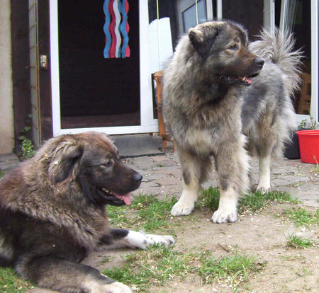 Kaukasischer Schäferhund Belaja und Chern´ka von der alten Dorfschule