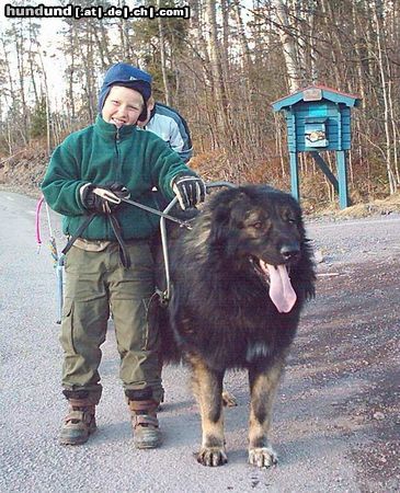 Kaukasischer Schäferhund Zoot