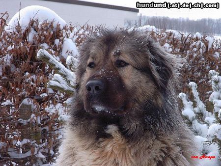 Kaukasischer Schäferhund Agi) Rus.-Rph.-Nekar Ajgul World Winner 2003/ International Champion  