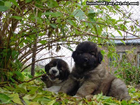 Kaukasischer Schäferhund Welpen von Daisy und Husar