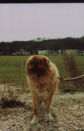 Kaukasischer Schäferhund Nika aus Linz/Österreich