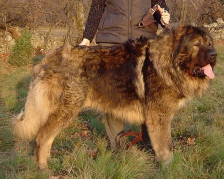 Kaukasischer Schäferhund Arpaduti Veszedelem BALI - International Champion, Multichampion, Champion of Croatia, Champion of Slovenia, Candidate Champion of Italy, Candidate Champion of Austria, Junior Champion of Croatia, Junior Winner of Hungary, Double ALPE ADRIA Winner, Best Puppy of Club Show in Italy, Winner of Croatia, Winner of Austria, Winner of Italy, Winner of Slovenia, Multi Best Male in Breed, Multi Best of Breed Winner (Felvideki Halhatatlan AWTAWESZ - Samanhegyi Vitez CSUCSU).