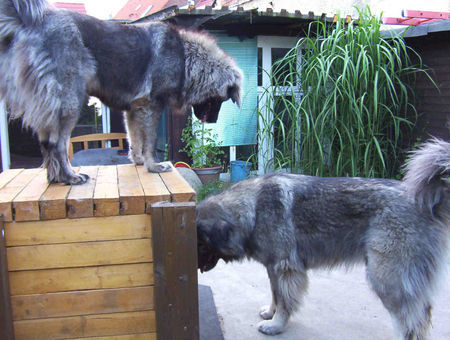 Kaukasischer Schäferhund Chern´ka und Belaja