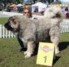 Kaukasischer Schäferhund Hund