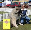 Kaukasischer Schäferhund Hund