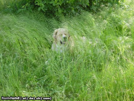 Kaukasischer Schäferhund Wo bin ich?