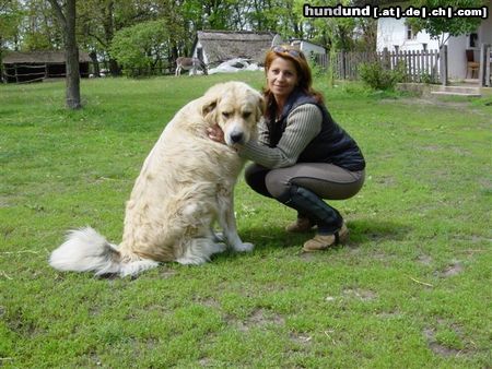 Kaukasischer Schäferhund Mein 