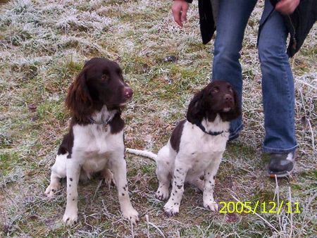 Kleiner Münsterländer Chico und Emma