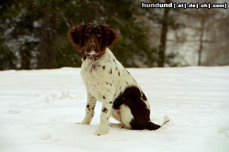 Kleiner Münsterländer Rica - schön ist es, mal im Schnee zu sein