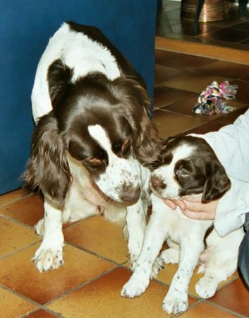 Kleiner Münsterländer Django 8 monaten und unsere zweite munsterlander  Smokey 8 wochen.