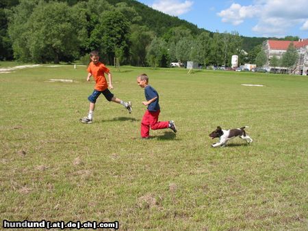 Kleiner Münsterländer auf der Flucht