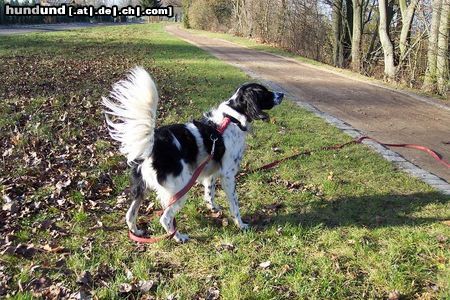 Kleiner Münsterländer Sammy beim Spaziergang