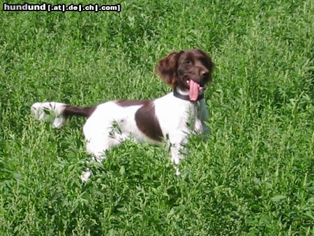 Kleiner Münsterländer NINA beim Radausflug/im Feld