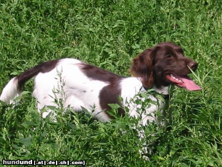 Kleiner Münsterländer NINA beim Radausflug/im Feld