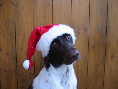 Kleiner Münsterländer Weihnachtsmünsti