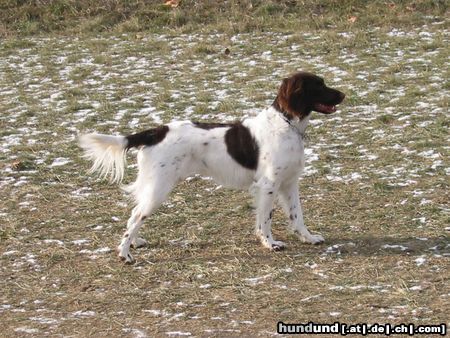 Kleiner Münsterländer Nina auf der Freilaufwiese