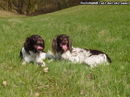 Kleiner Münsterländer Lea & Sheila