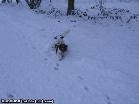 Kleiner Münsterländer oh, war das ein toller Winter....