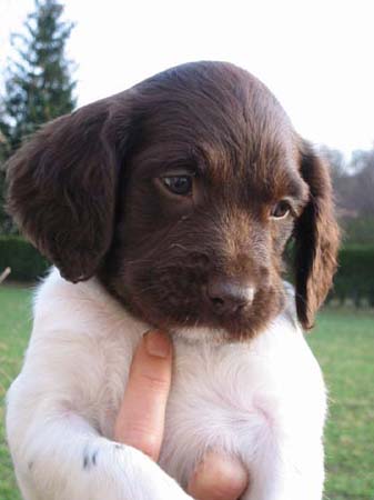 Kleiner Münsterländer Nina