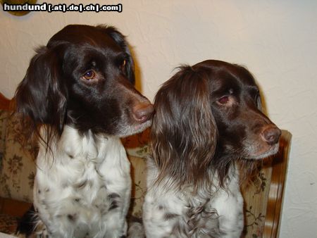 Kleiner Münsterländer Lea & Sheila