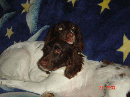 Kleiner Münsterländer MAXI & RAMBO beim Kuscheln!