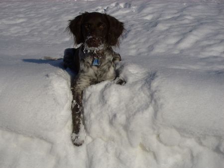 Kleiner Münsterländer Debbie im Schnee